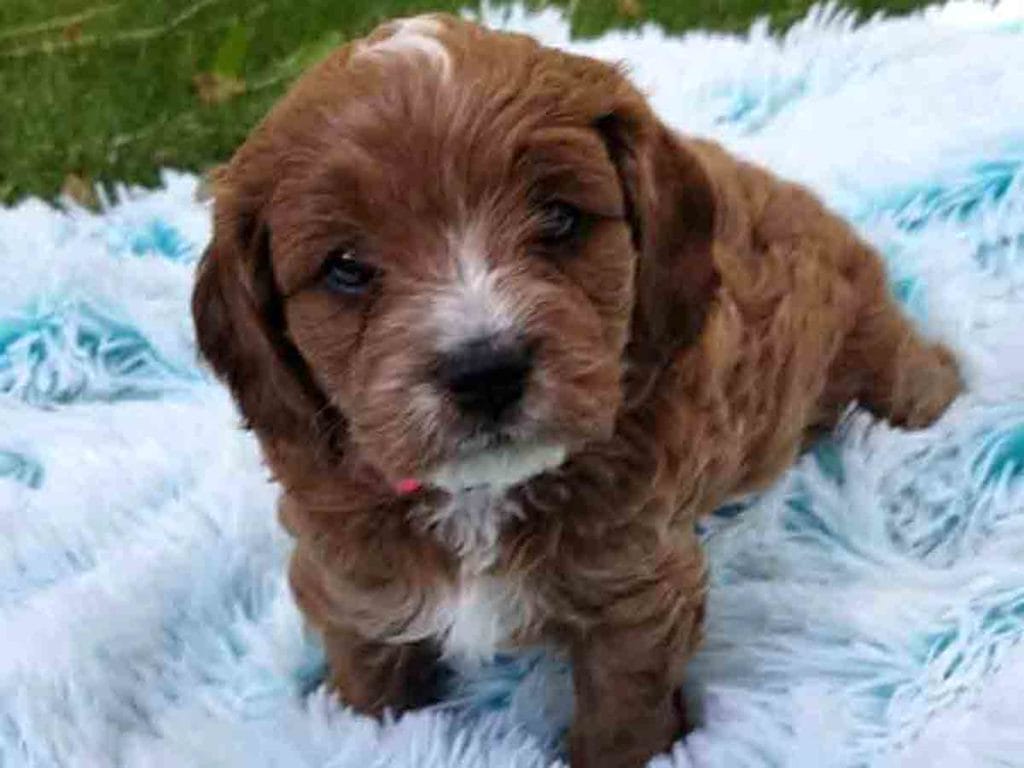 Precious Doodle Dogs, Cavapoo, Cavapoo puppies, Teacup Cavapoo, Cavadoodle, Cava poo, Cava poodle, Mini Cavapoo puppy, Mini Cavapoo, Cavapoos, Cavapoos for sale near me, cavapoos for sale, tiny cavapoos for sale, tiny cavadoodles for sale near me, Cavapoo puppies for sale, cavapoo puppies for sale near me, Cavoodles for sale near me, Cavoodle puppies, Cavoodle, toy cavoodle, Cavadoodle, Cavadoodle puppies, cavadoodle puppies for sale, cavadoodle puppies for sale near me, cavadoodles for sale, cavadoodles for sale near me, how big does a cavapoo get, how big do cavapoos get, what is a cavapoo, cavapoo puppies for sale near me, cavapoo breeders near me, cavoodle breeders near me, miniature cavoodle, cavapoo size, cavapoo puppies near me, teacup cavapoo, cava poo puppies, king charles spaniel, cavapoo breeders near me, cavapoo price, teacup cavapoo puppies for sale, teacup cavapoos for sale, teacup cavapoo puppies for sale near me, precious cavapoos, precious cavapoo puppies for sale near me, adorable cavapoo puppies for sale, precious cavapoos for sale, mini doodle dogs for sale near me, teacup doodle dogs for sale near me, red cavapoo, teacup cavapoo puppies Alabama, teacup cavapoo puppies Alaska, teacup cavapoo puppies Arizona, teacup cavapoo puppies Arkansas, teacup cavapoo puppies California, teacup cavapoo puppies Colorado, teacup cavapoo puppies Connecticut, teacup cavapoo puppies Delaware, teacup cavapoo puppies Florida, teacup cavapoo puppies Georgia, teacup cavapoo puppies Hawaii, teacup cavapoo puppies Idaho, teacup cavapoo puppies Illinois, teacup cavapoo puppies Indiana, teacup cavapoo puppies Iowa, teacup cavapoo puppies Kansas, teacup cavapoo puppies Kentucky, teacup cavapoo puppies Louisiana, teacup cavapoo puppies Maine, teacup cavapoo puppies Maryland, teacup cavapoo puppies Massachusetts, teacup cavapoo puppies Michigan, teacup cavapoo puppies Minnesota, teacup cavapoo puppies Mississippi, teacup cavapoo puppies Missouri, teacup cavapoo puppies Montana, teacup cavapoo puppies Nebraska, teacup cavapoo puppies Nevada, teacup cavapoo puppies New Hampshire, teacup cavapoo puppies New Jersey, teacup cavapoo puppies New Mexico, teacup cavapoo puppies New York, teacup cavapoo puppies North Carolina, teacup cavapoo puppies North Dakota, teacup cavapoo puppies Ohio, teacup cavapoo puppies Oklahoma, teacup cavapoo puppies Oregon, teacup cavapoo puppies Pennsylvania, teacup cavapoo puppies Rhode Island, teacup cavapoo puppies South Carolina, teacup cavapoo puppies South Dakota, teacup cavapoo puppies Tennessee, teacup cavapoo puppies Texas, teacup cavapoo puppies Utah, teacup cavapoo puppies Vermont, teacup cavapoo puppies Virginia, teacup cavapoo puppies Washington, teacup cavapoo puppies West Virginia, teacup cavapoo puppies Wisconsin, teacup cavapoo puppies Wyoming, teacup cavapoo AL, teacup cavapoo AK, teacup cavapoo AZ, teacup cavapoo AR, teacup cavapoo CA, teacup cavapoo CO, teacup cavapoo CT, teacup cavapoo DE, teacup cavapoo FL, teacup cavapoo GA, teacup cavapoo HI, teacup cavapoo ID, teacup cavapoo IL, teacup cavapoo IN, teacup cavapoo IA, teacup cavapoo KS, teacup cavapoo KY, teacup cavapoo LA, teacup cavapoo ME, teacup cavapoo MD, teacup cavapoo MA, teacup cavapoo MI, teacup cavapoo MN, teacup cavapoo MS, teacup cavapoo MO, teacup cavapoo MT, teacup cavapoo NE, teacup cavapoo NV, teacup cavapoo NH, teacup cavapoo NJ, teacup cavapoo NM, teacup cavapoo NY, teacup cavapoo NC, teacup cavapoo ND, teacup cavapoo OH, teacup cavapoo OK, teacup cavapoo OR, teacup cavapoo PA, teacup cavapoo RI, teacup cavapoo SC, teacup cavapoo SD, teacup cavapoo TN, teacup cavapoo TX, teacup cavapoo UT, teacup cavapoo VT, teacup cavapoo VA, teacup cavapoo WA, teacup cavapoo WV, teacup cavapoo WI, teacup cavapoo WY, teacup cavadoodle puppies Alabama, teacup cavadoodle puppies Alaska, teacup cavadoodle puppies Arizona, teacup cavadoodle puppies Arkansas, teacup cavadoodle puppies California, teacup cavadoodle puppies Colorado, teacup cavadoodle puppies Connecticut, teacup cavadoodle puppies Delaware, teacup cavadoodle puppies Florida, teacup cavadoodle puppies Georgia, teacup cavadoodle puppies Hawaii, teacup cavadoodle puppies Idaho, teacup cavadoodle puppies Illinois, teacup cavadoodle puppies Indiana, teacup cavadoodle puppies Iowa, teacup cavadoodle puppies Kansas, teacup cavadoodle puppies Kentucky, teacup cavadoodle puppies Louisiana, teacup cavadoodle puppies Maine, teacup cavadoodle puppies Maryland, teacup cavadoodle puppies Massachusetts, teacup cavadoodle puppies Michigan, teacup cavadoodle puppies Minnesota, teacup cavadoodle puppies Mississippi, teacup cavadoodle puppies Missouri, teacup cavadoodle puppies Montana, teacup cavadoodle puppies Nebraska, teacup cavadoodle puppies Nevada, teacup cavadoodle puppies New Hampshire, teacup cavadoodle puppies New Jersey, teacup cavadoodle puppies New Mexico, teacup cavadoodle puppies New York, teacup cavadoodle puppies North Carolina, teacup cavadoodle puppies North Dakota, teacup cavadoodle puppies Ohio, teacup cavadoodle puppies Oklahoma, teacup cavadoodle puppies Oregon, teacup cavadoodle puppies Pennsylvania, teacup cavadoodle puppies Rhode Island, teacup cavadoodle puppies South Carolina, teacup cavadoodle puppies South Dakota, teacup cavadoodle puppies Tennessee, teacup cavadoodle puppies Texas, teacup cavadoodle puppies Utah, teacup cavadoodle puppies Vermont, teacup cavadoodle puppies Virginia, teacup cavadoodle puppies Washington, teacup cavadoodle puppies West Virginia, teacup cavadoodle puppies Wisconsin, teacup cavadoodle puppies Wyoming, cavadoodle puppies for sale Alabama, cavadoodle puppies for sale Alaska, cavadoodle puppies for sale Arizona, cavadoodle puppies for sale Arkansas, cavadoodle puppies for sale California, cavadoodle puppies for sale Colorado, cavadoodle puppies for sale Connecticut, cavadoodle puppies for sale Delaware, cavadoodle puppies for sale Florida, cavadoodle puppies for sale Georgia, cavadoodle puppies for sale Hawaii, cavadoodle puppies for sale Idaho, cavadoodle puppies for sale Illinois, cavadoodle puppies for sale Indiana, cavadoodle puppies for sale Iowa, cavadoodle puppies for sale Kansas, cavadoodle puppies for sale Kentucky, cavadoodle puppies for sale Louisiana, cavadoodle puppies for sale Maine, cavadoodle puppies for sale Maryland, cavadoodle puppies for sale Massachusetts, cavadoodle puppies for sale Michigan, cavadoodle puppies for sale Minnesota, cavadoodle puppies for sale Mississippi, cavadoodle puppies for sale Missouri, cavadoodle puppies for sale Montana, cavadoodle puppies for sale Nebraska, cavadoodle puppies for sale Nevada, cavadoodle puppies for sale New Hampshire, cavadoodle puppies for sale New Jersey, cavadoodle puppies for sale New Mexico, cavadoodle puppies for sale New York, cavadoodle puppies for sale North Carolina, cavadoodle puppies for sale North Dakota, cavadoodle puppies for sale Ohio, cavadoodle puppies for sale Oklahoma, cavadoodle puppies for sale Oregon, cavadoodle puppies for sale Pennsylvania, cavadoodle puppies for sale Rhode Island, cavadoodle puppies for sale South Carolina, cavadoodle puppies for sale South Dakota, cavadoodle puppies for sale Tennessee, cavadoodle puppies for sale Texas, cavadoodle puppies for sale Utah, cavadoodle puppies for sale Vermont, cavadoodle puppies for sale Virginia, cavadoodle puppies for sale Washington, cavadoodle puppies for sale West Virginia, cavadoodle puppies for sale Wisconsin, cavadoodle puppies for sale Wyoming, cavapoo breeders Alabama, cavapoo breeders Alaska, cavapoo breeders Arizona, cavapoo breeders Arkansas, cavapoo breeders California, cavapoo breeders Colorado, cavapoo breeders Connecticut, cavapoo breeders Delaware, cavapoo breeders Florida, cavapoo breeders Georgia, cavapoo breeders Hawaii, cavapoo breeders Idaho, cavapoo breeders Illinois, cavapoo breeders Indiana, cavapoo breeders Iowa, cavapoo breeders Kansas, cavapoo breeders Kentucky, cavapoo breeders Louisiana, cavapoo breeders Maine, cavapoo breeders Maryland, cavapoo breeders Massachusetts, cavapoo breeders Michigan, cavapoo breeders Minnesota, cavapoo breeders Mississippi, cavapoo breeders Missouri, cavapoo breeders Montana, cavapoo breeders Nebraska, cavapoo breeders Nevada, cavapoo breeders New Hampshire, cavapoo breeders New Jersey, cavapoo breeders New Mexico, cavapoo breeders New York, cavapoo breeders North Carolina, cavapoo breeders North Dakota, cavapoo breeders Ohio, cavapoo breeders Oklahoma, cavapoo breeders Oregon, cavapoo breeders Pennsylvania, cavapoo breeders Rhode Island, cavapoo breeders South Carolina, cavapoo breeders South Dakota, cavapoo breeders Tennessee, cavapoo breeders Texas, cavapoo breeders Utah, cavapoo breeders Vermont, cavapoo breeders Virginia, cavapoo breeders Washington, cavapoo breeders West Virginia, cavapoo breeders Wisconsin, cavapoo breeders Wyoming, cavapoo Alabama, cavapoo Alaska, cavapoo Arizona, cavapoo Arkansas, cavapoo California, cavapoo Colorado, cavapoo Connecticut, cavapoo Delaware, cavapoo Florida, cavapoo Georgia, cavapoo Hawaii, cavapoo Idaho, cavapoo Illinois, cavapoo Indiana, cavapoo Iowa, cavapoo Kansas, cavapoo Kentucky, cavapoo Louisiana, cavapoo Maine, cavapoo Maryland, cavapoo Massachusetts, cavapoo Michigan, cavapoo Minnesota, cavapoo Mississippi, cavapoo Missouri, cavapoo Montana, cavapoo Nebraska, cavapoo Nevada, cavapoo New Hampshire, cavapoo New Jersey, cavapoo New Mexico, cavapoo New York, cavapoo North Carolina, cavapoo North Dakota, cavapoo Ohio, cavapoo Oklahoma, cavapoo Oregon, cavapoo Pennsylvania, cavapoo Rhode Island, cavapoo South Carolina, cavapoo South Dakota, cavapoo Tennessee, cavapoo Texas, cavapoo Utah, cavapoo Vermont, cavapoo Virginia, cavapoo Washington, cavapoo West Virginia, cavapoo Wisconsin, cavapoo Wyoming, cavapoo AL, cavapoo AK, cavapoo AZ, cavapoo AR, cavapoo CA, cavapoo CO, cavapoo CT, cavapoo DE, cavapoo FL, cavapoo GA, cavapoo HI, cavapoo ID, cavapoo IL, cavapoo IN, cavapoo IA, cavapoo KS, cavapoo KY, cavapoo LA, cavapoo ME, cavapoo MD, cavapoo MA, cavapoo MI, cavapoo MN, cavapoo MS, cavapoo MO, cavapoo MT, cavapoo NE, cavapoo NV, cavapoo NH, cavapoo NJ, cavapoo NM, cavapoo NY, cavapoo NC, cavapoo ND, cavapoo OH, cavapoo OK, cavapoo OR, cavapoo PA, cavapoo RI, cavapoo SC, cavapoo SD, cavapoo TN, cavapoo TX, cavapoo UT, cavapoo VT, cavapoo VA, cavapoo WA, cavapoo WV, cavapoo WI, cavapoo WY, cavapoo puppies Alabama, cavapoo puppies Alaska, cavapoo puppies Arizona, cavapoo puppies Arkansas, cavapoo puppies California, cavapoo puppies Colorado, cavapoo puppies Connecticut, cavapoo puppies Delaware, cavapoo puppies Florida, cavapoo puppies Georgia, cavapoo puppies Hawaii, cavapoo puppies Idaho, cavapoo puppies Illinois, cavapoo puppies Indiana, cavapoo puppies Iowa, cavapoo puppies Kansas, cavapoo puppies Kentucky, cavapoo puppies Louisiana, cavapoo puppies Maine, cavapoo puppies Maryland, cavapoo puppies Massachusetts, cavapoo puppies Michigan, cavapoo puppies Minnesota, cavapoo puppies Mississippi, cavapoo puppies Missouri, cavapoo puppies Montana, cavapoo puppies Nebraska, cavapoo puppies Nevada, cavapoo puppies New Hampshire, cavapoo puppies New Jersey, cavapoo puppies New Mexico, cavapoo puppies New York, cavapoo puppies North Carolina, cavapoo puppies North Dakota, cavapoo puppies Ohio, cavapoo puppies Oklahoma, cavapoo puppies Oregon, cavapoo puppies Pennsylvania, cavapoo puppies Rhode Island, cavapoo puppies South Carolina, cavapoo puppies South Dakota, cavapoo puppies Tennessee, cavapoo puppies Texas, cavapoo puppies Utah, cavapoo puppies Vermont, cavapoo puppies Virginia, cavapoo puppies Washington, cavapoo puppies West Virginia, cavapoo puppies Wisconsin, cavapoo puppies Wyoming,