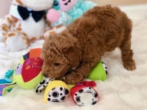 TEACUP GOLDENDOODLE PUPPIES, Precious Doodle Dogs, Teacup Doodle Dogs, Goldendoodle, Doodle Dog, Golden Doodle, Golden Doodle puppies, Golden Doodle Dogs, Puppy Golden Doodles, Puppy Goldendoodles, Golden Doodles, A Star is Born, A star is born goldendoodle, a star is born dog, Bradley Cooper's Dog, Bradley Cooper Dog, Bradley Cooper's Goldendoodle, Teddy Bear Goldendoodle, Teddy Bear Dog, Goldendoodle for sale, Goldendoodle puppies for sale, Miniature goldendoodle, goldendoodle puppies, mini goldendoodle, mini puppies, mini goldendoodle size, f1 goldendoodle, golden retriever poodle, chocolate goldendoodle, small doodles, goldendoodle temperament, goldendoodle colors, goldendoodle price, white goldendoodle, f2 goldendoodle, mini goldendoodle price, mini goldendoodle full grown, f1 mini goldendoodle, f1b goldendoodle, parti goldendoodle, goldendoodles near me, english goldendoodle, australian goldendoodle, red goldendoodle, doodle breeds, brown goldendoodle, goldendoodle cost, Precious Goldendoodle, Precious Golden Doodle, Precious Teacup Goldendoodle, adult mini goldendoodle, golden noodle dog, doodle dog breeds, miniature golden doodle, miniature puppies, golden retriever poodle mix, arizona goldendoodles, goldendoodle training, goldendoodle size, how big do mini goldendoodles get, goldendoodle full grown, baby goldendoodle, goldendoodle houston, golden doodles for sale, adult goldendoodle, apricot goldendoodle, goldendoodle grooming, mini golden doodles, goldendoodle shedding, f2b goldendoodle, goldendoodle hypoallergenic, goldendoodle names, english cream goldendoodle, golden retriever and poodle mix, mini goldendoodle puppies, micro goldendoodle, mini goldendoodle puppies for sale, miniature goldendoodle for sale, goldendoodle puppies for adoption, teddy bear goldendoodle, mini goldendoodle rescue, medium goldendoodle, black goldendoodle, mini goldendoodle for sale near me, goldendoodle puppies for sale near me, mini doodle, doodle puppies, mini goldendoodle for sale, goldendoodle breeders near me, miniature goldendoodle for sale near me, toy goldendoodle, petite goldendoodle, golden doodle dog, miniature goldendoodle puppies, mini goldendoodle puppies for sale near me, goldendoodles for sale near me, mini goldedoodle breeders, goldendoodle adoption, f1b mini goldendoodle, small goldendoodle, teacup goldendoodle, goldendoodle puppies near me, goldendoodle breeders, how to groom a goldendoodle, great doodle puppies, golden doodle mix, goldendoodle tampa, goldendoodle facts, white doodle dog, white goldendoodle puppy, mini goldendoodle maryland, country mini doodles, goldendoodle los angeles, toy labradoodle puppies for sale, types of goldendoodles, mini golden retriever puppies, golden goldendoodle, mini golden retriever puppies for sale, miniature australian goldendoodle, goldendoodle sacramento, goldendoodle omaha, labradoodle goldendoodle, f1 medium goldendoodle, BEST goldendoodles, pictures of mini goldendoodles, teacup goldendoodle full grown, micro mini goldendoodle full grown, toy goldendoodle price, goldendoodle chicago, retriever doodle, teacup goldendoodle puppies for sale, cute goldendoodle, mini teddy bear puppies, miniature goldendoodle full grown, f2 mini goldendoodle, goldendoodle spokane, mini goldendoodle chicago, micro mini goldendoodle, how nbig do miniature goldendoodles get, brown mini goldendoodle, mini doodle breeds, poodle doodle dog, what is a mini goldendoodle, black mini goldendoodle, mini irish doodle puppies for sale, f1b goldendoodle size, toy golden doodles, chocolate brown goldendoodle puppies for sale, petite goldendoodle full grown, goldendoodle behavior, american goldendoodle, f1b medium goldendoodle, goldendoodle puppy cost, cute goldendoodle puppies, goldendoodle indianapolis, teddy goldendoodle, mini goldendoodle weight, teddy bear golden doodles, f1b goldendoodle puppies for sale, miniature goldendoodle size, chocolate goldendoodle puppy, english cream mini goldendoodle, doodle puppies near me, red miniature goldendoodle, cream goldendoodle, goldendoodle puppy cut, mini goldendoodle hypoallergenic, dog breed goldendoodle, goldendoodle poodle mixes, goldendoodle allergies, goldendoodle info, sandy ridge goldendoodles, lakeshore goldendoodles, toy goldendoodle puppies for sale, labradoodle and goldendoodle, goldendoodle las vegas, goldendoodle phoenix, doodle breeders near me, miniature goldendoodle weight, black and white goldendoodle, sarasota goldendoodles, mini goldendoodle dallas, a goldendoodle, what is a goldendoodle, goldendoodle dallas, mini golden doodles for sale, ginger doodle puppy, how much does a mini goldendoodle cost, goldendoodle san antonio, goldendoodle photos, goldendoodle cuts, chocolate mini goldendoodle, all about goldendoodles, goldendoodle cincinnati, black doodle dog, goldendoodle weight, miniature goldendoodle breeders, goldendoodle information, miniature goldendoodle puppies for sale, doodle puppies for sale near me, black labradoodle puppies for sale, goldendoodle seattle, golden doodles near me, teacup goldendoodle for sale, golden retriever poodle puppy, goldendoodle rochester ny, goldendoodle and poodle mix, akc goldendoodle, goldendoodle kansas city, mini goldendoodle facts, goldendoodle austin, goldendoodle doodle, goldendoodle tulsa, curly goldendoodle, brown goldendoodle puppies, f1b labradoodle puppies for sale, red mini goldendoodle, goldendoodle poodle, chocolate goldendoodle for sale, tiny goldendoodle, goldendoodle puppies breeders, english goldendoodle puppies for sale, mini golden labradoodle, f1b mini teddy bear goldendoodles, red goldendoodle puppies for sale, miniature golden retriever breeders, f1 goldendoodles for sale, teacup goldendoodle puppies, toy mini goldendoodle, xs petite goldendoodle, f2 goldendoodle puppies for sale, mini goldendoodle cost, black goldendoodle for sale, english teddy bear goldendoodle, small doodle dogs, goldendoodle nashville, english goldendoodle puppies, golden retriever poodle mix for sale, red goldendoodle puppy, parti goldendoodles for sale, english cream goldendoodles for sale, doodle puppies for sale, golden retriever poodle mix puppies, goldendoodle tucson, f1b mini goldendoodle puppies for sale, mini goldendoodle breeders northeast, teddy bear goldendoodle, toy goldendoodle rescue, petite mini goldendoodle, goldendoodle stuff, mini goldendoodles near me, teddy bear goldendoodle puppies, f1 goldendoodle puppies, teddy bear goldendoodles for sale, silver goldendoodle, buy goldendoodle, mini golden doodle dog, teddy bear goldendoodles mini, micro mini goldendoodle puppies for sale, goldendoodle dogs for sale, best goldendoodle breeders, chocolate goldendoodle puppies for sale, doodle dogs for sale, toy goldendoodle puppies, mini doodle dog, toy goldendoodle breeders, doodles for sale, goldendoodle hypoallergenic dog, mini goldendoodle breeders near me, english goldendoodle breeders, f1b mini goldendoodle for sale, teacup goldendoodle price, petite goldendoodle for sale, mini english goldendoodle, mini goldendoodle info, miniature goldendoodle puppies for sale near me, black goldendoodle puppies for sale, f1 goldendoodle puppies for sale, Teacup Goldendoodles AL, Teacup Goldendoodles AK, Teacup Goldendoodles AZ, Teacup Goldendoodles AR, Teacup Goldendoodles CA, Teacup Goldendoodles CO, Teacup Goldendoodles CT, Teacup Goldendoodles DE, Teacup Goldendoodles FL, Teacup Goldendoodles GA, Teacup Goldendoodles HI, Teacup Goldendoodles ID, Teacup Goldendoodles IL, Teacup Goldendoodles IN, Teacup Goldendoodles IA, Teacup Goldendoodles KS, Teacup Goldendoodles KY, Teacup Goldendoodles LA, Teacup Goldendoodles ME, Teacup Goldendoodles MD, Teacup Goldendoodles MA, Teacup Goldendoodles MI, Teacup Goldendoodles MN, Teacup Goldendoodles MS, Teacup Goldendoodles MO, Teacup Goldendoodles MT, Teacup Goldendoodles NE, Teacup Goldendoodles NV, Teacup Goldendoodles NH, Teacup Goldendoodles NJ, Teacup Goldendoodles NM, Teacup Goldendoodles NY, Teacup Goldendoodles NC, Teacup Goldendoodles ND, Teacup Goldendoodles OH, Teacup Goldendoodles OK, Teacup Goldendoodles OR, Teacup Goldendoodles PA, Teacup Goldendoodles RI, Teacup Goldendoodles SC, Teacup Goldendoodles SD, Teacup Goldendoodles TN, Teacup Goldendoodles TX, Teacup Goldendoodles UT, Teacup Goldendoodles VT, Teacup Goldendoodles VA, Teacup Goldendoodles WA, Teacup Goldendoodles WV, Teacup Goldendoodles WI, Teacup Goldendoodles WY, Teacup Golden Doodles AL, Teacup Golden Doodles AK, Teacup Golden Doodles AZ, Teacup Golden Doodles AR, Teacup Golden Doodles CA, Teacup Golden Doodles CO, Teacup Golden Doodles CT, Teacup Golden Doodles DE, Teacup Golden Doodles FL, Teacup Golden Doodles GA, Teacup Golden Doodles HI, Teacup Golden Doodles ID, Teacup Golden Doodles IL, Teacup Golden Doodles IN, Teacup Golden Doodles IA, Teacup Golden Doodles KS, Teacup Golden Doodles KY, Teacup Golden Doodles LA, Teacup Golden Doodles ME, Teacup Golden Doodles MD, Teacup Golden Doodles MA, Teacup Golden Doodles MI, Teacup Golden Doodles MN, Teacup Golden Doodles MS, Teacup Golden Doodles MO, Teacup Golden Doodles MT, Teacup Golden Doodles NE, Teacup Golden Doodles NV, Teacup Golden Doodles NH, Teacup Golden Doodles NJ, Teacup Golden Doodles NM, Teacup Golden Doodles NY, Teacup Golden Doodles NC, Teacup Golden Doodles ND, Teacup Golden Doodles OH, Teacup Golden Doodles OK, Teacup Golden Doodles OR, Teacup Golden Doodles PA, Teacup Golden Doodles RI, Teacup Golden Doodles SC, Teacup Golden Doodles SD, Teacup Golden Doodles TN, Teacup Golden Doodles TX, Teacup Golden Doodles UT, Teacup Golden Doodles VT, Teacup Golden Doodles VA, Teacup Golden Doodles WA, Teacup Golden Doodles WV, Teacup Golden Doodles WI, Teacup Golden Doodles WY, Toy Goldendoodle Alabama, Toy Goldendoodle Alaska, Toy Goldendoodle Arizona, Toy Goldendoodle Arkansas, Toy Goldendoodle California, Toy Goldendoodle Colorado, Toy Goldendoodle Connecticut, Toy Goldendoodle Delaware, Toy Goldendoodle Florida, Toy Goldendoodle Georgia, Toy Goldendoodle Hawaii, Toy Goldendoodle Idaho, Toy Goldendoodle Illinois, Toy Goldendoodle Indiana, Toy Goldendoodle Iowa, Toy Goldendoodle Kansas, Toy Goldendoodle Kentucky, Toy Goldendoodle Louisiana, Toy Goldendoodle Maine, Toy Goldendoodle Maryland, Toy Goldendoodle Massachusetts, Toy Goldendoodle Michigan, Toy Goldendoodle Minnesota, Toy Goldendoodle Mississippi, Toy Goldendoodle Missouri, Toy Goldendoodle Montana, Toy Goldendoodle Nebraska, Toy Goldendoodle Nevada, Toy Goldendoodle New Hampshire, Toy Goldendoodle New Jersey, Toy Goldendoodle New Mexico, Toy Goldendoodle New York, Toy Goldendoodle North Carolina, Toy Goldendoodle North Dakota, Toy Goldendoodle Ohio, Toy Goldendoodle Oklahoma, Toy Goldendoodle Oregon, Toy Goldendoodle Pennsylvania, Toy Goldendoodle Rhode Island, Toy Goldendoodle South Carolina, Toy Goldendoodle South Dakota, Toy Goldendoodle Tennessee, Toy Goldendoodle Texas, Toy Goldendoodle Utah, Toy Goldendoodle Vermont, Toy Goldendoodle Virginia, Toy Goldendoodle Washington, Toy Goldendoodle West Virginia, Toy Goldendoodle Wisconsin, Toy Goldendoodle Wyoming, Golden Doodle Breeders AL, Golden Doodle Breeders AK, Golden Doodle Breeders AZ, Golden Doodle Breeders AR, Golden Doodle Breeders CA, Golden Doodle Breeders CO, Golden Doodle Breeders CT, Golden Doodle Breeders DE, Golden Doodle Breeders FL, Golden Doodle Breeders GA, Golden Doodle Breeders HI, Golden Doodle Breeders ID, Golden Doodle Breeders IL, Golden Doodle Breeders IN, Golden Doodle Breeders IA, Golden Doodle Breeders KS, Golden Doodle Breeders KY, Golden Doodle Breeders LA, Golden Doodle Breeders ME, Golden Doodle Breeders MD, Golden Doodle Breeders MA, Golden Doodle Breeders MI, Golden Doodle Breeders MN, Golden Doodle Breeders MS, Golden Doodle Breeders MO, Golden Doodle Breeders MT, Golden Doodle Breeders NE, Golden Doodle Breeders NV, Golden Doodle Breeders NH, Golden Doodle Breeders NJ, Golden Doodle Breeders NM, Golden Doodle Breeders NY, Golden Doodle Breeders NC, Golden Doodle Breeders ND, Golden Doodle Breeders OH, Golden Doodle Breeders OK, Golden Doodle Breeders OR, Golden Doodle Breeders PA, Golden Doodle Breeders RI, Golden Doodle Breeders SC, Golden Doodle Breeders SD, Golden Doodle Breeders TN, Golden Doodle Breeders TX, Golden Doodle Breeders UT, Golden Doodle Breeders VT, Golden Doodle Breeders VA, Golden Doodle Breeders WA, Golden Doodle Breeders WV, Golden Doodle Breeders WI, Golden Doodle Breeders WY, Golden Doodles for sale in AL, Golden Doodles for sale in AK, Golden Doodles for sale in AZ, Golden Doodles for sale in AR, Golden Doodles for sale in CA, Golden Doodles for sale in CO, Golden Doodles for sale in CT, Golden Doodles for sale in DE, Golden Doodles for sale in FL, Golden Doodles for sale in GA, Golden Doodles for sale in HI, Golden Doodles for sale in ID, Golden Doodles for sale in IL, Golden Doodles for sale in IN, Golden Doodles for sale in IA, Golden Doodles for sale in KS, Golden Doodles for sale in KY, Golden Doodles for sale in LA, Golden Doodles for sale in ME, Golden Doodles for sale in MD, Golden Doodles for sale in MA, Golden Doodles for sale in MI, Golden Doodles for sale in MN, Golden Doodles for sale in MS, Golden Doodles for sale in MO, Golden Doodles for sale in MT, Golden Doodles for sale in NE, Golden Doodles for sale in NV, Golden Doodles for sale in NH, Golden Doodles for sale in NJ, Golden Doodles for sale in NM, Golden Doodles for sale in NY, Golden Doodles for sale in NC, Golden Doodles for sale in ND, Golden Doodles for sale in OH, Golden Doodles for sale in OK, Golden Doodles for sale in OR, Golden Doodles for sale in PA, Golden Doodles for sale in RI, Golden Doodles for sale in SC, Golden Doodles for sale in SD, Golden Doodles for sale in TN, Golden Doodles for sale in TX, Golden Doodles for sale in UT, Golden Doodles for sale in VT, Golden Doodles for sale in VA, Golden Doodles for sale in WA, Golden Doodles for sale in WV, Golden Doodles for sale in WI, Golden Doodles for sale in WY, Goldendoodle Breeders AL, Goldendoodle Breeders AK, Goldendoodle Breeders AZ, Goldendoodle Breeders AR, Goldendoodle Breeders CA, Goldendoodle Breeders CO, Goldendoodle Breeders CT, Goldendoodle Breeders DE, Goldendoodle Breeders FL, Goldendoodle Breeders GA, Goldendoodle Breeders HI, Goldendoodle Breeders ID, Goldendoodle Breeders IL, Goldendoodle Breeders IN, Goldendoodle Breeders IA, Goldendoodle Breeders KS, Goldendoodle Breeders KY, Goldendoodle Breeders LA, Goldendoodle Breeders ME, Goldendoodle Breeders MD, Goldendoodle Breeders MA, Goldendoodle Breeders MI, Goldendoodle Breeders MN, Goldendoodle Breeders MS, Goldendoodle Breeders MO, Goldendoodle Breeders MT, Goldendoodle Breeders NE, Goldendoodle Breeders NV, Goldendoodle Breeders NH, Goldendoodle Breeders NJ, Goldendoodle Breeders NM, Goldendoodle Breeders NY, Goldendoodle Breeders NC, Goldendoodle Breeders ND, Goldendoodle Breeders OH, Goldendoodle Breeders OK, Goldendoodle Breeders OR, Goldendoodle Breeders PA, Goldendoodle Breeders RI, Goldendoodle Breeders SC, Goldendoodle Breeders SD, Goldendoodle Breeders TN, Goldendoodle Breeders TX, Goldendoodle Breeders UT, Goldendoodle Breeders VT, Goldendoodle Breeders VA, Goldendoodle Breeders WA, Goldendoodle Breeders WV, Goldendoodle Breeders WI, Goldendoodle Breeders WY, Goldendoodles for sale in AL, Goldendoodles for sale in AK, Goldendoodles for sale in AZ, Goldendoodles for sale in AR, Goldendoodles for sale in CA, Goldendoodles for sale in CO, Goldendoodles for sale in CT, Goldendoodles for sale in DE, Goldendoodles for sale in FL, Goldendoodles for sale in GA, Goldendoodles for sale in HI, Goldendoodles for sale in ID, Goldendoodles for sale in IL, Goldendoodles for sale in IN, Goldendoodles for sale in IA, Goldendoodles for sale in KS, Goldendoodles for sale in KY, Goldendoodles for sale in LA, Goldendoodles for sale in ME, Goldendoodles for sale in MD, Goldendoodles for sale in MA, Goldendoodles for sale in MI, Goldendoodles for sale in MN, Goldendoodles for sale in MS, Goldendoodles for sale in MO, Goldendoodles for sale in MT, Goldendoodles for sale in NE, Goldendoodles for sale in NV, Goldendoodles for sale in NH, Goldendoodles for sale in NJ, Goldendoodles for sale in NM, Goldendoodles for sale in NY, Goldendoodles for sale in NC, Goldendoodles for sale in ND, Goldendoodles for sale in OH, Goldendoodles for sale in OK, Goldendoodles for sale in OR, Goldendoodles for sale in PA, Goldendoodles for sale in RI, Goldendoodles for sale in SC, Goldendoodles for sale in SD, Goldendoodles for sale in TN, Goldendoodles for sale in TX, Goldendoodles for sale in UT, Goldendoodles for sale in VT, Goldendoodles for sale in VA, Goldendoodles for sale in WA, Goldendoodles for sale in WV, Goldendoodles for sale in WI, Goldendoodles for sale in WY,