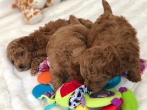TEACUP GOLDENDOODLE PUPPIES, Precious Doodle Dogs, Teacup Doodle Dogs, Goldendoodle, Doodle Dog, Golden Doodle, Golden Doodle puppies, Golden Doodle Dogs, Puppy Golden Doodles, Puppy Goldendoodles, Golden Doodles, A Star is Born, A star is born goldendoodle, a star is born dog, Bradley Cooper's Dog, Bradley Cooper Dog, Bradley Cooper's Goldendoodle, Teddy Bear Goldendoodle, Teddy Bear Dog, Goldendoodle for sale, Goldendoodle puppies for sale, Miniature goldendoodle, goldendoodle puppies, mini goldendoodle, mini puppies, mini goldendoodle size, f1 goldendoodle, golden retriever poodle, chocolate goldendoodle, small doodles, goldendoodle temperament, goldendoodle colors, goldendoodle price, white goldendoodle, f2 goldendoodle, mini goldendoodle price, mini goldendoodle full grown, f1 mini goldendoodle, f1b goldendoodle, parti goldendoodle, goldendoodles near me, english goldendoodle, australian goldendoodle, red goldendoodle, doodle breeds, brown goldendoodle, goldendoodle cost, Precious Goldendoodle, Precious Golden Doodle, Precious Teacup Goldendoodle, adult mini goldendoodle, golden noodle dog, doodle dog breeds, miniature golden doodle, miniature puppies, golden retriever poodle mix, arizona goldendoodles, goldendoodle training, goldendoodle size, how big do mini goldendoodles get, goldendoodle full grown, baby goldendoodle, goldendoodle houston, golden doodles for sale, adult goldendoodle, apricot goldendoodle, goldendoodle grooming, mini golden doodles, goldendoodle shedding, f2b goldendoodle, goldendoodle hypoallergenic, goldendoodle names, english cream goldendoodle, golden retriever and poodle mix, mini goldendoodle puppies, micro goldendoodle, mini goldendoodle puppies for sale, miniature goldendoodle for sale, goldendoodle puppies for adoption, teddy bear goldendoodle, mini goldendoodle rescue, medium goldendoodle, black goldendoodle, mini goldendoodle for sale near me, goldendoodle puppies for sale near me, mini doodle, doodle puppies, mini goldendoodle for sale, goldendoodle breeders near me, miniature goldendoodle for sale near me, toy goldendoodle, petite goldendoodle, golden doodle dog, miniature goldendoodle puppies, mini goldendoodle puppies for sale near me, goldendoodles for sale near me, mini goldedoodle breeders, goldendoodle adoption, f1b mini goldendoodle, small goldendoodle, teacup goldendoodle, goldendoodle puppies near me, goldendoodle breeders, how to groom a goldendoodle, great doodle puppies, golden doodle mix, goldendoodle tampa, goldendoodle facts, white doodle dog, white goldendoodle puppy, mini goldendoodle maryland, country mini doodles, goldendoodle los angeles, toy labradoodle puppies for sale, types of goldendoodles, mini golden retriever puppies, golden goldendoodle, mini golden retriever puppies for sale, miniature australian goldendoodle, goldendoodle sacramento, goldendoodle omaha, labradoodle goldendoodle, f1 medium goldendoodle, BEST goldendoodles, pictures of mini goldendoodles, teacup goldendoodle full grown, micro mini goldendoodle full grown, toy goldendoodle price, goldendoodle chicago, retriever doodle, teacup goldendoodle puppies for sale, cute goldendoodle, mini teddy bear puppies, miniature goldendoodle full grown, f2 mini goldendoodle, goldendoodle spokane, mini goldendoodle chicago, micro mini goldendoodle, how nbig do miniature goldendoodles get, brown mini goldendoodle, mini doodle breeds, poodle doodle dog, what is a mini goldendoodle, black mini goldendoodle, mini irish doodle puppies for sale, f1b goldendoodle size, toy golden doodles, chocolate brown goldendoodle puppies for sale, petite goldendoodle full grown, goldendoodle behavior, american goldendoodle, f1b medium goldendoodle, goldendoodle puppy cost, cute goldendoodle puppies, goldendoodle indianapolis, teddy goldendoodle, mini goldendoodle weight, teddy bear golden doodles, f1b goldendoodle puppies for sale, miniature goldendoodle size, chocolate goldendoodle puppy, english cream mini goldendoodle, doodle puppies near me, red miniature goldendoodle, cream goldendoodle, goldendoodle puppy cut, mini goldendoodle hypoallergenic, dog breed goldendoodle, goldendoodle poodle mixes, goldendoodle allergies, goldendoodle info, sandy ridge goldendoodles, lakeshore goldendoodles, toy goldendoodle puppies for sale, labradoodle and goldendoodle, goldendoodle las vegas, goldendoodle phoenix, doodle breeders near me, miniature goldendoodle weight, black and white goldendoodle, sarasota goldendoodles, mini goldendoodle dallas, a goldendoodle, what is a goldendoodle, goldendoodle dallas, mini golden doodles for sale, ginger doodle puppy, how much does a mini goldendoodle cost, goldendoodle san antonio, goldendoodle photos, goldendoodle cuts, chocolate mini goldendoodle, all about goldendoodles, goldendoodle cincinnati, black doodle dog, goldendoodle weight, miniature goldendoodle breeders, goldendoodle information, miniature goldendoodle puppies for sale, doodle puppies for sale near me, black labradoodle puppies for sale, goldendoodle seattle, golden doodles near me, teacup goldendoodle for sale, golden retriever poodle puppy, goldendoodle rochester ny, goldendoodle and poodle mix, akc goldendoodle, goldendoodle kansas city, mini goldendoodle facts, goldendoodle austin, goldendoodle doodle, goldendoodle tulsa, curly goldendoodle, brown goldendoodle puppies, f1b labradoodle puppies for sale, red mini goldendoodle, goldendoodle poodle, chocolate goldendoodle for sale, tiny goldendoodle, goldendoodle puppies breeders, english goldendoodle puppies for sale, mini golden labradoodle, f1b mini teddy bear goldendoodles, red goldendoodle puppies for sale, miniature golden retriever breeders, f1 goldendoodles for sale, teacup goldendoodle puppies, toy mini goldendoodle, xs petite goldendoodle, f2 goldendoodle puppies for sale, mini goldendoodle cost, black goldendoodle for sale, english teddy bear goldendoodle, small doodle dogs, goldendoodle nashville, english goldendoodle puppies, golden retriever poodle mix for sale, red goldendoodle puppy, parti goldendoodles for sale, english cream goldendoodles for sale, doodle puppies for sale, golden retriever poodle mix puppies, goldendoodle tucson, f1b mini goldendoodle puppies for sale, mini goldendoodle breeders northeast, teddy bear goldendoodle, toy goldendoodle rescue, petite mini goldendoodle, goldendoodle stuff, mini goldendoodles near me, teddy bear goldendoodle puppies, f1 goldendoodle puppies, teddy bear goldendoodles for sale, silver goldendoodle, buy goldendoodle, mini golden doodle dog, teddy bear goldendoodles mini, micro mini goldendoodle puppies for sale, goldendoodle dogs for sale, best goldendoodle breeders, chocolate goldendoodle puppies for sale, doodle dogs for sale, toy goldendoodle puppies, mini doodle dog, toy goldendoodle breeders, doodles for sale, goldendoodle hypoallergenic dog, mini goldendoodle breeders near me, english goldendoodle breeders, f1b mini goldendoodle for sale, teacup goldendoodle price, petite goldendoodle for sale, mini english goldendoodle, mini goldendoodle info, miniature goldendoodle puppies for sale near me, black goldendoodle puppies for sale, f1 goldendoodle puppies for sale, Teacup Goldendoodles AL, Teacup Goldendoodles AK, Teacup Goldendoodles AZ, Teacup Goldendoodles AR, Teacup Goldendoodles CA, Teacup Goldendoodles CO, Teacup Goldendoodles CT, Teacup Goldendoodles DE, Teacup Goldendoodles FL, Teacup Goldendoodles GA, Teacup Goldendoodles HI, Teacup Goldendoodles ID, Teacup Goldendoodles IL, Teacup Goldendoodles IN, Teacup Goldendoodles IA, Teacup Goldendoodles KS, Teacup Goldendoodles KY, Teacup Goldendoodles LA, Teacup Goldendoodles ME, Teacup Goldendoodles MD, Teacup Goldendoodles MA, Teacup Goldendoodles MI, Teacup Goldendoodles MN, Teacup Goldendoodles MS, Teacup Goldendoodles MO, Teacup Goldendoodles MT, Teacup Goldendoodles NE, Teacup Goldendoodles NV, Teacup Goldendoodles NH, Teacup Goldendoodles NJ, Teacup Goldendoodles NM, Teacup Goldendoodles NY, Teacup Goldendoodles NC, Teacup Goldendoodles ND, Teacup Goldendoodles OH, Teacup Goldendoodles OK, Teacup Goldendoodles OR, Teacup Goldendoodles PA, Teacup Goldendoodles RI, Teacup Goldendoodles SC, Teacup Goldendoodles SD, Teacup Goldendoodles TN, Teacup Goldendoodles TX, Teacup Goldendoodles UT, Teacup Goldendoodles VT, Teacup Goldendoodles VA, Teacup Goldendoodles WA, Teacup Goldendoodles WV, Teacup Goldendoodles WI, Teacup Goldendoodles WY, Teacup Golden Doodles AL, Teacup Golden Doodles AK, Teacup Golden Doodles AZ, Teacup Golden Doodles AR, Teacup Golden Doodles CA, Teacup Golden Doodles CO, Teacup Golden Doodles CT, Teacup Golden Doodles DE, Teacup Golden Doodles FL, Teacup Golden Doodles GA, Teacup Golden Doodles HI, Teacup Golden Doodles ID, Teacup Golden Doodles IL, Teacup Golden Doodles IN, Teacup Golden Doodles IA, Teacup Golden Doodles KS, Teacup Golden Doodles KY, Teacup Golden Doodles LA, Teacup Golden Doodles ME, Teacup Golden Doodles MD, Teacup Golden Doodles MA, Teacup Golden Doodles MI, Teacup Golden Doodles MN, Teacup Golden Doodles MS, Teacup Golden Doodles MO, Teacup Golden Doodles MT, Teacup Golden Doodles NE, Teacup Golden Doodles NV, Teacup Golden Doodles NH, Teacup Golden Doodles NJ, Teacup Golden Doodles NM, Teacup Golden Doodles NY, Teacup Golden Doodles NC, Teacup Golden Doodles ND, Teacup Golden Doodles OH, Teacup Golden Doodles OK, Teacup Golden Doodles OR, Teacup Golden Doodles PA, Teacup Golden Doodles RI, Teacup Golden Doodles SC, Teacup Golden Doodles SD, Teacup Golden Doodles TN, Teacup Golden Doodles TX, Teacup Golden Doodles UT, Teacup Golden Doodles VT, Teacup Golden Doodles VA, Teacup Golden Doodles WA, Teacup Golden Doodles WV, Teacup Golden Doodles WI, Teacup Golden Doodles WY, Toy Goldendoodle Alabama, Toy Goldendoodle Alaska, Toy Goldendoodle Arizona, Toy Goldendoodle Arkansas, Toy Goldendoodle California, Toy Goldendoodle Colorado, Toy Goldendoodle Connecticut, Toy Goldendoodle Delaware, Toy Goldendoodle Florida, Toy Goldendoodle Georgia, Toy Goldendoodle Hawaii, Toy Goldendoodle Idaho, Toy Goldendoodle Illinois, Toy Goldendoodle Indiana, Toy Goldendoodle Iowa, Toy Goldendoodle Kansas, Toy Goldendoodle Kentucky, Toy Goldendoodle Louisiana, Toy Goldendoodle Maine, Toy Goldendoodle Maryland, Toy Goldendoodle Massachusetts, Toy Goldendoodle Michigan, Toy Goldendoodle Minnesota, Toy Goldendoodle Mississippi, Toy Goldendoodle Missouri, Toy Goldendoodle Montana, Toy Goldendoodle Nebraska, Toy Goldendoodle Nevada, Toy Goldendoodle New Hampshire, Toy Goldendoodle New Jersey, Toy Goldendoodle New Mexico, Toy Goldendoodle New York, Toy Goldendoodle North Carolina, Toy Goldendoodle North Dakota, Toy Goldendoodle Ohio, Toy Goldendoodle Oklahoma, Toy Goldendoodle Oregon, Toy Goldendoodle Pennsylvania, Toy Goldendoodle Rhode Island, Toy Goldendoodle South Carolina, Toy Goldendoodle South Dakota, Toy Goldendoodle Tennessee, Toy Goldendoodle Texas, Toy Goldendoodle Utah, Toy Goldendoodle Vermont, Toy Goldendoodle Virginia, Toy Goldendoodle Washington, Toy Goldendoodle West Virginia, Toy Goldendoodle Wisconsin, Toy Goldendoodle Wyoming, Golden Doodle Breeders AL, Golden Doodle Breeders AK, Golden Doodle Breeders AZ, Golden Doodle Breeders AR, Golden Doodle Breeders CA, Golden Doodle Breeders CO, Golden Doodle Breeders CT, Golden Doodle Breeders DE, Golden Doodle Breeders FL, Golden Doodle Breeders GA, Golden Doodle Breeders HI, Golden Doodle Breeders ID, Golden Doodle Breeders IL, Golden Doodle Breeders IN, Golden Doodle Breeders IA, Golden Doodle Breeders KS, Golden Doodle Breeders KY, Golden Doodle Breeders LA, Golden Doodle Breeders ME, Golden Doodle Breeders MD, Golden Doodle Breeders MA, Golden Doodle Breeders MI, Golden Doodle Breeders MN, Golden Doodle Breeders MS, Golden Doodle Breeders MO, Golden Doodle Breeders MT, Golden Doodle Breeders NE, Golden Doodle Breeders NV, Golden Doodle Breeders NH, Golden Doodle Breeders NJ, Golden Doodle Breeders NM, Golden Doodle Breeders NY, Golden Doodle Breeders NC, Golden Doodle Breeders ND, Golden Doodle Breeders OH, Golden Doodle Breeders OK, Golden Doodle Breeders OR, Golden Doodle Breeders PA, Golden Doodle Breeders RI, Golden Doodle Breeders SC, Golden Doodle Breeders SD, Golden Doodle Breeders TN, Golden Doodle Breeders TX, Golden Doodle Breeders UT, Golden Doodle Breeders VT, Golden Doodle Breeders VA, Golden Doodle Breeders WA, Golden Doodle Breeders WV, Golden Doodle Breeders WI, Golden Doodle Breeders WY, Golden Doodles for sale in AL, Golden Doodles for sale in AK, Golden Doodles for sale in AZ, Golden Doodles for sale in AR, Golden Doodles for sale in CA, Golden Doodles for sale in CO, Golden Doodles for sale in CT, Golden Doodles for sale in DE, Golden Doodles for sale in FL, Golden Doodles for sale in GA, Golden Doodles for sale in HI, Golden Doodles for sale in ID, Golden Doodles for sale in IL, Golden Doodles for sale in IN, Golden Doodles for sale in IA, Golden Doodles for sale in KS, Golden Doodles for sale in KY, Golden Doodles for sale in LA, Golden Doodles for sale in ME, Golden Doodles for sale in MD, Golden Doodles for sale in MA, Golden Doodles for sale in MI, Golden Doodles for sale in MN, Golden Doodles for sale in MS, Golden Doodles for sale in MO, Golden Doodles for sale in MT, Golden Doodles for sale in NE, Golden Doodles for sale in NV, Golden Doodles for sale in NH, Golden Doodles for sale in NJ, Golden Doodles for sale in NM, Golden Doodles for sale in NY, Golden Doodles for sale in NC, Golden Doodles for sale in ND, Golden Doodles for sale in OH, Golden Doodles for sale in OK, Golden Doodles for sale in OR, Golden Doodles for sale in PA, Golden Doodles for sale in RI, Golden Doodles for sale in SC, Golden Doodles for sale in SD, Golden Doodles for sale in TN, Golden Doodles for sale in TX, Golden Doodles for sale in UT, Golden Doodles for sale in VT, Golden Doodles for sale in VA, Golden Doodles for sale in WA, Golden Doodles for sale in WV, Golden Doodles for sale in WI, Golden Doodles for sale in WY, Goldendoodle Breeders AL, Goldendoodle Breeders AK, Goldendoodle Breeders AZ, Goldendoodle Breeders AR, Goldendoodle Breeders CA, Goldendoodle Breeders CO, Goldendoodle Breeders CT, Goldendoodle Breeders DE, Goldendoodle Breeders FL, Goldendoodle Breeders GA, Goldendoodle Breeders HI, Goldendoodle Breeders ID, Goldendoodle Breeders IL, Goldendoodle Breeders IN, Goldendoodle Breeders IA, Goldendoodle Breeders KS, Goldendoodle Breeders KY, Goldendoodle Breeders LA, Goldendoodle Breeders ME, Goldendoodle Breeders MD, Goldendoodle Breeders MA, Goldendoodle Breeders MI, Goldendoodle Breeders MN, Goldendoodle Breeders MS, Goldendoodle Breeders MO, Goldendoodle Breeders MT, Goldendoodle Breeders NE, Goldendoodle Breeders NV, Goldendoodle Breeders NH, Goldendoodle Breeders NJ, Goldendoodle Breeders NM, Goldendoodle Breeders NY, Goldendoodle Breeders NC, Goldendoodle Breeders ND, Goldendoodle Breeders OH, Goldendoodle Breeders OK, Goldendoodle Breeders OR, Goldendoodle Breeders PA, Goldendoodle Breeders RI, Goldendoodle Breeders SC, Goldendoodle Breeders SD, Goldendoodle Breeders TN, Goldendoodle Breeders TX, Goldendoodle Breeders UT, Goldendoodle Breeders VT, Goldendoodle Breeders VA, Goldendoodle Breeders WA, Goldendoodle Breeders WV, Goldendoodle Breeders WI, Goldendoodle Breeders WY, Goldendoodles for sale in AL, Goldendoodles for sale in AK, Goldendoodles for sale in AZ, Goldendoodles for sale in AR, Goldendoodles for sale in CA, Goldendoodles for sale in CO, Goldendoodles for sale in CT, Goldendoodles for sale in DE, Goldendoodles for sale in FL, Goldendoodles for sale in GA, Goldendoodles for sale in HI, Goldendoodles for sale in ID, Goldendoodles for sale in IL, Goldendoodles for sale in IN, Goldendoodles for sale in IA, Goldendoodles for sale in KS, Goldendoodles for sale in KY, Goldendoodles for sale in LA, Goldendoodles for sale in ME, Goldendoodles for sale in MD, Goldendoodles for sale in MA, Goldendoodles for sale in MI, Goldendoodles for sale in MN, Goldendoodles for sale in MS, Goldendoodles for sale in MO, Goldendoodles for sale in MT, Goldendoodles for sale in NE, Goldendoodles for sale in NV, Goldendoodles for sale in NH, Goldendoodles for sale in NJ, Goldendoodles for sale in NM, Goldendoodles for sale in NY, Goldendoodles for sale in NC, Goldendoodles for sale in ND, Goldendoodles for sale in OH, Goldendoodles for sale in OK, Goldendoodles for sale in OR, Goldendoodles for sale in PA, Goldendoodles for sale in RI, Goldendoodles for sale in SC, Goldendoodles for sale in SD, Goldendoodles for sale in TN, Goldendoodles for sale in TX, Goldendoodles for sale in UT, Goldendoodles for sale in VT, Goldendoodles for sale in VA, Goldendoodles for sale in WA, Goldendoodles for sale in WV, Goldendoodles for sale in WI, Goldendoodles for sale in WY,