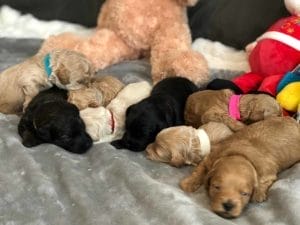 TEACUP GOLDENDOODLE PUPPIES, Precious Doodle Dogs, Teacup Doodle Dogs, Goldendoodle, Doodle Dog, Golden Doodles, A Star is Born, A star is born goldendoodle, a star is born dog, Bradley Cooper's Dog, Teacup Golden Doodles AL, Teacup Golden Doodles AK, Teacup Golden Doodles AZ, Teacup Golden Doodles AR, Teacup Golden Doodles CA, Teacup Golden Doodles CO, Teacup Golden Doodles CT, Teacup Golden Doodles DE, Teacup Golden Doodles FL, Teacup Golden Doodles GA, Teacup Golden Doodles HI, Teacup Golden Doodles ID, Teacup Golden Doodles IL, Teacup Golden Doodles IN, Teacup Golden Doodles IA, Teacup Golden Doodles KS, Teacup Golden Doodles KY, Teacup Golden Doodles LA, Teacup Golden Doodles ME, Teacup Golden Doodles MD, Teacup Golden Doodles MA, Teacup Golden Doodles MI, Teacup Golden Doodles MN, Teacup Golden Doodles MS, Teacup Golden Doodles MO, Teacup Golden Doodles MT, Teacup Golden Doodles NE, Teacup Golden Doodles NV, Teacup Golden Doodles NH, Teacup Golden Doodles NJ, Teacup Golden Doodles NM, Teacup Golden Doodles NY, Teacup Golden Doodles NC, Teacup Golden Doodles ND, Teacup Golden Doodles OH, Teacup Golden Doodles OK, Teacup Golden Doodles OR, Teacup Golden Doodles PA, Teacup Golden Doodles RI, Teacup Golden Doodles SC, Teacup Golden Doodles SD, Teacup Golden Doodles TN, Teacup Golden Doodles TX, Teacup Golden Doodles UT, Teacup Golden Doodles VT, Teacup Golden Doodles VA, Teacup Golden Doodles WA, Teacup Golden Doodles WV, Teacup Golden Doodles WI, Teacup Golden Doodles WY, Bradley Cooper's Goldendoodle, Goldendoodle for sale, Goldendoodle puppies for sale, Miniature goldendoodle, goldendoodle puppies, mini goldendoodle, mini puppies, mini goldendoodle size, f1 goldendoodle, golden retriever poodle, chocolate goldendoodle, small doodles, goldendoodle temperament, goldendoodle colors, goldendoodle price, white goldendoodle, f2 goldendoodle, mini goldendoodle price, mini goldendoodle full grown, f1 mini goldendoodle, f1b goldendoodle, parti goldendoodle, goldendoodles near me, english goldendoodle, australian goldendoodle, red goldendoodle, doodle breeds, brown goldendoodle, goldendoodle cost, adult mini goldendoodle, golden noodle dog, doodle dog breeds, miniature golden doodle, miniature puppies, golden retriever poodle mix, arizona goldendoodles, goldendoodle training, goldendoodle size, how big do mini goldendoodles get, goldendoodle full grown, baby goldendoodle, goldendoodle houston, golden doodles for sale, adult goldendoodle, apricot goldendoodle, goldendoodle grooming, mini golden doodles, goldendoodle shedding, f2b goldendoodle, goldendoodle hypoallergenic, goldendoodle names, english cream goldendoodle, golden retriever and poodle mix, mini goldendoodle puppies, micro goldendoodle, mini goldendoodle puppies for sale, miniature goldendoodle for sale, goldendoodle puppies for adoption, teddy bear goldendoodle, mini goldendoodle rescue, medium goldendoodle, black goldendoodle, mini goldendoodle for sale near me, goldendoodle puppies for sale near me, mini doodle, doodle puppies, mini goldendoodle for sale, goldendoodle breeders near me, miniature goldendoodle for sale near me, toy goldendoodle, petite goldendoodle, golden doodle dog, miniature goldendoodle puppies, mini goldendoodle puppies for sale near me, goldendoodles for sale near me, mini goldedoodle breeders, goldendoodle adoption, f1b mini goldendoodle, small goldendoodle, teacup goldendoodle, goldendoodle puppies near me, goldendoodle breeders, how to groom a goldendoodle, great doodle puppies, golden doodle mix, goldendoodle tampa, goldendoodle facts, white doodle dog, white goldendoodle puppy, mini goldendoodle maryland, country mini doodles, goldendoodle los angeles, toy labradoodle puppies for sale, types of goldendoodles, mini golden retriever puppies, golden goldendoodle, mini golden retriever puppies for sale, miniature australian goldendoodle, goldendoodle sacramento, goldendoodle omaha, labradoodle goldendoodle, f1 medium goldendoodle, BEST goldendoodles, pictures of mini goldendoodles, teacup goldendoodle full grown, micro mini goldendoodle full grown, toy goldendoodle price, goldendoodle chicago, retriever doodle, teacup goldendoodle puppies for sale, cute goldendoodle, mini teddy bear puppies, miniature goldendoodle full grown, f2 mini goldendoodle, goldendoodle spokane, mini goldendoodle chicago, micro mini goldendoodle, how nbig do miniature goldendoodles get, brown mini goldendoodle, mini doodle breeds, poodle doodle dog, what is a mini goldendoodle, black mini goldendoodle, mini irish doodle puppies for sale, f1b goldendoodle size, toy golden doodles, chocolate brown goldendoodle puppies for sale, petite goldendoodle full grown, goldendoodle behavior, american goldendoodle, f1b medium goldendoodle, goldendoodle puppy cost, cute goldendoodle puppies, goldendoodle indianapolis, teddy goldendoodle, mini goldendoodle weight, teddy bear golden doodles, f1b goldendoodle puppies for sale, miniature goldendoodle size, chocolate goldendoodle puppy, english cream mini goldendoodle, doodle puppies near me, red miniature goldendoodle, cream goldendoodle, goldendoodle puppy cut, mini goldendoodle hypoallergenic, dog breed goldendoodle, goldendoodle poodle mixes, goldendoodle allergies, goldendoodle info, sandy ridge goldendoodles, lakeshore goldendoodles, toy goldendoodle puppies for sale, labradoodle and goldendoodle, goldendoodle las vegas, goldendoodle phoenix, doodle breeders near me, miniature goldendoodle weight, black and white goldendoodle, sarasota goldendoodles, mini goldendoodle dallas, a goldendoodle, what is a goldendoodle, goldendoodle dallas, mini golden doodles for sale, ginger doodle puppy, how much does a mini goldendoodle cost, goldendoodle san antonio, goldendoodle photos, goldendoodle cuts, chocolate mini goldendoodle, all about goldendoodles, goldendoodle cincinnati, black doodle dog, goldendoodle weight, miniature goldendoodle breeders, goldendoodle information, miniature goldendoodle puppies for sale, doodle puppies for sale near me, black labradoodle puppies for sale, goldendoodle seattle, golden doodles near me, teacup goldendoodle for sale, golden retriever poodle puppy, goldendoodle rochester ny, goldendoodle and poodle mix, akc goldendoodle, goldendoodle kansas city, mini goldendoodle facts, goldendoodle austin, goldendoodle doodle, goldendoodle tulsa, curly goldendoodle, brown goldendoodle puppies, f1b labradoodle puppies for sale, red mini goldendoodle, goldendoodle poodle, chocolate goldendoodle for sale, tiny goldendoodle, goldendoodle puppies breeders, english goldendoodle puppies for sale, mini golden labradoodle, f1b mini teddy bear goldendoodles, red goldendoodle puppies for sale, miniature golden retriever breeders, f1 goldendoodles for sale, teacup goldendoodle puppies, toy mini goldendoodle, xs petite goldendoodle, f2 goldendoodle puppies for sale, mini goldendoodle cost, black goldendoodle for sale, english teddy bear goldendoodle, small doodle dogs, goldendoodle nashville, english goldendoodle puppies, golden retriever poodle mix for sale, red goldendoodle puppy, parti goldendoodles for sale, english cream goldendoodles for sale, doodle puppies for sale, golden retriever poodle mix puppies, goldendoodle tucson, f1b mini goldendoodle puppies for sale, mini goldendoodle breeders northeast, teddy bear goldendoodle, toy goldendoodle rescue, petite mini goldendoodle, goldendoodle stuff, mini goldendoodles near me, teddy bear goldendoodle puppies, f1 goldendoodle puppies, teddy bear goldendoodles for sale, silver goldendoodle, buy goldendoodle, mini golden doodle dog, teddy bear goldendoodles mini, micro mini goldendoodle puppies for sale, goldendoodle dogs for sale, best goldendoodle breeders, chocolate goldendoodle puppies for sale, doodle dogs for sale, toy goldendoodle puppies, mini doodle dog, toy goldendoodle breeders, doodles for sale, goldendoodle hypoallergenic dog, mini goldendoodle breeders near me, english goldendoodle breeders, f1b mini goldendoodle for sale, teacup goldendoodle price, petite goldendoodle for sale, mini english goldendoodle, mini goldendoodle info, miniature goldendoodle puppies for sale near me, black goldendoodle puppies for sale, f1 goldendoodle puppies for sale, Teacup Goldendoodles AL, Teacup Goldendoodles AK, Teacup Goldendoodles AZ, Teacup Goldendoodles AR, Teacup Goldendoodles CA, Teacup Goldendoodles CO, Teacup Goldendoodles CT, Teacup Goldendoodles DE, Teacup Goldendoodles FL, Teacup Goldendoodles GA, Teacup Goldendoodles HI, Teacup Goldendoodles ID, Teacup Goldendoodles IL, Teacup Goldendoodles IN, Teacup Goldendoodles IA, Teacup Goldendoodles KS, Teacup Goldendoodles KY, Teacup Goldendoodles LA, Teacup Goldendoodles ME, Teacup Goldendoodles MD, Teacup Goldendoodles MA, Teacup Goldendoodles MI, Teacup Goldendoodles MN, Teacup Goldendoodles MS, Teacup Goldendoodles MO, Teacup Goldendoodles MT, Teacup Goldendoodles NE, Teacup Goldendoodles NV, Teacup Goldendoodles NH, Teacup Goldendoodles NJ, Teacup Goldendoodles NM, Teacup Goldendoodles NY, Teacup Goldendoodles NC, Teacup Goldendoodles ND, Teacup Goldendoodles OH, Teacup Goldendoodles OK, Teacup Goldendoodles OR, Teacup Goldendoodles PA, Teacup Goldendoodles RI, Teacup Goldendoodles SC, Teacup Goldendoodles SD, Teacup Goldendoodles TN, Teacup Goldendoodles TX, Teacup Goldendoodles UT, Teacup Goldendoodles VT, Teacup Goldendoodles VA, Teacup Goldendoodles WA, Teacup Goldendoodles WV, Teacup Goldendoodles WI, Teacup Goldendoodles WY, Toy Goldendoodle Alabama, Toy Goldendoodle Alaska, Toy Goldendoodle Arizona, Toy Goldendoodle Arkansas, Toy Goldendoodle California, Toy Goldendoodle Colorado, Toy Goldendoodle Connecticut, Toy Goldendoodle Delaware, Toy Goldendoodle Florida, Toy Goldendoodle Georgia, Toy Goldendoodle Hawaii, Toy Goldendoodle Idaho, Toy Goldendoodle Illinois, Toy Goldendoodle Indiana, Toy Goldendoodle Iowa, Toy Goldendoodle Kansas, Toy Goldendoodle Kentucky, Toy Goldendoodle Louisiana, Toy Goldendoodle Maine, Toy Goldendoodle Maryland, Toy Goldendoodle Massachusetts, Toy Goldendoodle Michigan, Toy Goldendoodle Minnesota, Toy Goldendoodle Mississippi, Toy Goldendoodle Missouri, Toy Goldendoodle Montana, Toy Goldendoodle Nebraska, Toy Goldendoodle Nevada, Toy Goldendoodle New Hampshire, Toy Goldendoodle New Jersey, Toy Goldendoodle New Mexico, Toy Goldendoodle New York, Toy Goldendoodle North Carolina, Toy Goldendoodle North Dakota, Toy Goldendoodle Ohio, Toy Goldendoodle Oklahoma, Toy Goldendoodle Oregon, Toy Goldendoodle Pennsylvania, Toy Goldendoodle Rhode Island, Toy Goldendoodle South Carolina, Toy Goldendoodle South Dakota, Toy Goldendoodle Tennessee, Toy Goldendoodle Texas, Toy Goldendoodle Utah, Toy Goldendoodle Vermont, Toy Goldendoodle Virginia, Toy Goldendoodle Washington, Toy Goldendoodle West Virginia, Toy Goldendoodle Wisconsin, Toy Goldendoodle Wyoming, Mini Goldendoodle breeders AL, Mini Goldendoodle breeders AK, Mini Goldendoodle breeders AZ, Mini Goldendoodle breeders AR, Mini Goldendoodle breeders CA, Mini Goldendoodle breeders CO, Mini Goldendoodle breeders CT, Mini Goldendoodle breeders DE, Mini Goldendoodle breeders FL, Mini Goldendoodle breeders GA, Mini Goldendoodle breeders HI, Mini Goldendoodle breeders ID, Mini Goldendoodle breeders IL, Mini Goldendoodle breeders IN, Mini Goldendoodle breeders IA, Mini Goldendoodle breeders KS, Mini Goldendoodle breeders KY, Mini Goldendoodle breeders LA, Mini Goldendoodle breeders ME, Mini Goldendoodle breeders MD, Mini Goldendoodle breeders MA, Mini Goldendoodle breeders MI, Mini Goldendoodle breeders MN, Mini Goldendoodle breeders MS, Mini Goldendoodle breeders MO, Mini Goldendoodle breeders MT, Mini Goldendoodle breeders NE, Mini Goldendoodle breeders NV, Mini Goldendoodle breeders NH, Mini Goldendoodle breeders NJ, Mini Goldendoodle breeders NM, Mini Goldendoodle breeders NY, Mini Goldendoodle breeders NC, Mini Goldendoodle breeders ND, Mini Goldendoodle breeders OH, Mini Goldendoodle breeders OK, Mini Goldendoodle breeders OR, Mini Goldendoodle breeders PA, Mini Goldendoodle breeders RI, Mini Goldendoodle breeders SC, Mini Goldendoodle breeders SD, Mini Goldendoodle breeders TN, Mini Goldendoodle breeders TX, Mini Goldendoodle breeders UT, Mini Goldendoodle breeders VT, Mini Goldendoodle breeders VA, Mini Goldendoodle breeders WA, Mini Goldendoodle breeders WV, Mini Goldendoodle breeders WI, Mini Goldendoodle breeders WY, Mini Goldendoodle puppies for sale in AL, Mini Goldendoodle puppies for sale in AK, Mini Goldendoodle puppies for sale in AZ, Mini Goldendoodle puppies for sale in AR, Mini Goldendoodle puppies for sale in CA, Mini Goldendoodle puppies for sale in CO, Mini Goldendoodle puppies for sale in CT, Mini Goldendoodle puppies for sale in DE, Mini Goldendoodle puppies for sale in FL, Mini Goldendoodle puppies for sale in GA, Mini Goldendoodle puppies for sale in HI, Mini Goldendoodle puppies for sale in ID, Mini Goldendoodle puppies for sale in IL, Mini Goldendoodle puppies for sale in IN, Mini Goldendoodle puppies for sale in IA, Mini Goldendoodle puppies for sale in KS, Mini Goldendoodle puppies for sale in KY, Mini Goldendoodle puppies for sale in LA, Mini Goldendoodle puppies for sale in ME, Mini Goldendoodle puppies for sale in MD, Mini Goldendoodle puppies for sale in MA, Mini Goldendoodle puppies for sale in MI, Mini Goldendoodle puppies for sale in MN, Mini Goldendoodle puppies for sale in MS, Mini Goldendoodle puppies for sale in MO, Mini Goldendoodle puppies for sale in MT, Mini Goldendoodle puppies for sale in NE, Mini Goldendoodle puppies for sale in NV, Mini Goldendoodle puppies for sale in NH, Mini Goldendoodle puppies for sale in NJ, Mini Goldendoodle puppies for sale in NM, Mini Goldendoodle puppies for sale in NY, Mini Goldendoodle puppies for sale in NC, Mini Goldendoodle puppies for sale in ND, Mini Goldendoodle puppies for sale in OH, Mini Goldendoodle puppies for sale in OK, Mini Goldendoodle puppies for sale in OR, Mini Goldendoodle puppies for sale in PA, Mini Goldendoodle puppies for sale in RI, Mini Goldendoodle puppies for sale in SC, Mini Goldendoodle puppies for sale in SD, Mini Goldendoodle puppies for sale in TN, Mini Goldendoodle puppies for sale in TX, Mini Goldendoodle puppies for sale in UT, Mini Goldendoodle puppies for sale in VT, Mini Goldendoodle puppies for sale in VA, Mini Goldendoodle puppies for sale in WA, Mini Goldendoodle puppies for sale in WV, Mini Goldendoodle puppies for sale in WI, Mini Goldendoodle puppies for sale in WY, Miniature Goldendoodles for sale in AL, Miniature Goldendoodles for sale in AK, Miniature Goldendoodles for sale in AZ, Miniature Goldendoodles for sale in AR, Miniature Goldendoodles for sale in CA, Miniature Goldendoodles for sale in CO, Miniature Goldendoodles for sale in CT, Miniature Goldendoodles for sale in DE, Miniature Goldendoodles for sale in FL, Miniature Goldendoodles for sale in GA, Miniature Goldendoodles for sale in HI, Miniature Goldendoodles for sale in ID, Miniature Goldendoodles for sale in IL, Miniature Goldendoodles for sale in IN, Miniature Goldendoodles for sale in IA, Miniature Goldendoodles for sale in KS, Miniature Goldendoodles for sale in KY, Miniature Goldendoodles for sale in LA, Miniature Goldendoodles for sale in ME, Miniature Goldendoodles for sale in MD, Miniature Goldendoodles for sale in MA, Miniature Goldendoodles for sale in MI, Miniature Goldendoodles for sale in MN, Miniature Goldendoodles for sale in MS, Miniature Goldendoodles for sale in MO, Miniature Goldendoodles for sale in MT, Miniature Goldendoodles for sale in NE, Miniature Goldendoodles for sale in NV, Miniature Goldendoodles for sale in NH, Miniature Goldendoodles for sale in NJ, Miniature Goldendoodles for sale in NM, Miniature Goldendoodles for sale in NY, Miniature Goldendoodles for sale in NC, Miniature Goldendoodles for sale in ND, Miniature Goldendoodles for sale in OH, Miniature Goldendoodles for sale in OK, Miniature Goldendoodles for sale in OR, Miniature Goldendoodles for sale in PA, Miniature Goldendoodles for sale in RI, Miniature Goldendoodles for sale in SC, Miniature Goldendoodles for sale in SD, Miniature Goldendoodles for sale in TN, Miniature Goldendoodles for sale in TX, Miniature Goldendoodles for sale in UT, Miniature Goldendoodles for sale in VT, Miniature Goldendoodles for sale in VA, Miniature Goldendoodles for sale in WA, Miniature Goldendoodles for sale in WV, Miniature Goldendoodles for sale in WI, Miniature Goldendoodles for sale in WY, Miniature Goldendoodle Alabama, Miniature Goldendoodle Alaska, Miniature Goldendoodle Arizona, Miniature Goldendoodle Arkansas, Miniature Goldendoodle California, Miniature Goldendoodle Colorado, Miniature Goldendoodle Connecticut, Miniature Goldendoodle Delaware, Miniature Goldendoodle Florida, Miniature Goldendoodle Georgia, Miniature Goldendoodle Hawaii, Miniature Goldendoodle Idaho, Miniature Goldendoodle Illinois, Miniature Goldendoodle Indiana, Miniature Goldendoodle Iowa, Miniature Goldendoodle Kansas, Miniature Goldendoodle Kentucky, Miniature Goldendoodle Louisiana, Miniature Goldendoodle Maine, Miniature Goldendoodle Maryland, Miniature Goldendoodle Massachusetts, Miniature Goldendoodle Michigan, Miniature Goldendoodle Minnesota, Miniature Goldendoodle Mississippi, Miniature Goldendoodle Missouri, Miniature Goldendoodle Montana, Miniature Goldendoodle Nebraska, Miniature Goldendoodle Nevada, Miniature Goldendoodle New Hampshire, Miniature Goldendoodle New Jersey, Miniature Goldendoodle New Mexico, Miniature Goldendoodle New York, Miniature Goldendoodle North Carolina, Miniature Goldendoodle North Dakota, Miniature Goldendoodle Ohio, Miniature Goldendoodle Oklahoma, Miniature Goldendoodle Oregon, Miniature Goldendoodle Pennsylvania, Miniature Goldendoodle Rhode Island, Miniature Goldendoodle South Carolina, Miniature Goldendoodle South Dakota, Miniature Goldendoodle Tennessee, Miniature Goldendoodle Texas, Miniature Goldendoodle Utah, Miniature Goldendoodle Vermont, Miniature Goldendoodle Virginia, Miniature Goldendoodle Washington, Miniature Goldendoodle West Virginia, Miniature Goldendoodle Wisconsin, Miniature Goldendoodle Wyoming, Goldendoodle Breeders AL, Goldendoodle Breeders AK, Goldendoodle Breeders AZ, Goldendoodle Breeders AR, Goldendoodle Breeders CA, Goldendoodle Breeders CO, Goldendoodle Breeders CT, Goldendoodle Breeders DE, Goldendoodle Breeders FL, Goldendoodle Breeders GA, Goldendoodle Breeders HI, Goldendoodle Breeders ID, Goldendoodle Breeders IL, Goldendoodle Breeders IN, Goldendoodle Breeders IA, Goldendoodle Breeders KS, Goldendoodle Breeders KY, Goldendoodle Breeders LA, Goldendoodle Breeders ME, Goldendoodle Breeders MD, Goldendoodle Breeders MA, Goldendoodle Breeders MI, Goldendoodle Breeders MN, Goldendoodle Breeders MS, Goldendoodle Breeders MO, Goldendoodle Breeders MT, Goldendoodle Breeders NE, Goldendoodle Breeders NV, Goldendoodle Breeders NH, Goldendoodle Breeders NJ, Goldendoodle Breeders NM, Goldendoodle Breeders NY, Goldendoodle Breeders NC, Goldendoodle Breeders ND, Goldendoodle Breeders OH, Goldendoodle Breeders OK, Goldendoodle Breeders OR, Goldendoodle Breeders PA, Goldendoodle Breeders RI, Goldendoodle Breeders SC, Goldendoodle Breeders SD, Goldendoodle Breeders TN, Goldendoodle Breeders TX, Goldendoodle Breeders UT, Goldendoodle Breeders VT, Goldendoodle Breeders VA, Goldendoodle Breeders WA, Goldendoodle Breeders WV, Goldendoodle Breeders WI, Goldendoodle Breeders WY, Goldendoodles for sale in AL, Goldendoodles for sale in AK, Goldendoodles for sale in AZ, Goldendoodles for sale in AR, Goldendoodles for sale in CA, Goldendoodles for sale in CO, Goldendoodles for sale in CT, Goldendoodles for sale in DE, Goldendoodles for sale in FL, Goldendoodles for sale in GA, Goldendoodles for sale in HI, Goldendoodles for sale in ID, Goldendoodles for sale in IL, Goldendoodles for sale in IN, Goldendoodles for sale in IA, Goldendoodles for sale in KS, Goldendoodles for sale in KY, Goldendoodles for sale in LA, Goldendoodles for sale in ME, Goldendoodles for sale in MD, Goldendoodles for sale in MA, Goldendoodles for sale in MI, Goldendoodles for sale in MN, Goldendoodles for sale in MS, Goldendoodles for sale in MO, Goldendoodles for sale in MT, Goldendoodles for sale in NE, Goldendoodles for sale in NV, Goldendoodles for sale in NH, Goldendoodles for sale in NJ, Goldendoodles for sale in NM, Goldendoodles for sale in NY, Goldendoodles for sale in NC, Goldendoodles for sale in ND, Goldendoodles for sale in OH, Goldendoodles for sale in OK, Goldendoodles for sale in OR, Goldendoodles for sale in PA, Goldendoodles for sale in RI, Goldendoodles for sale in SC, Goldendoodles for sale in SD, Goldendoodles for sale in TN, Goldendoodles for sale in TX, Goldendoodles for sale in UT, Goldendoodles for sale in VT, Goldendoodles for sale in VA, Goldendoodles for sale in WA, Goldendoodles for sale in WV, Goldendoodles for sale in WI, Goldendoodles for sale in WY,