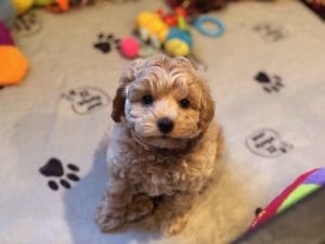 TEACUP GOLDENDOODLE PUPPIES, Precious Doodle Dogs, Teacup Doodle Dogs, Goldendoodle, Doodle Dog, Golden Doodles, A Star is Born, A star is born goldendoodle, a star is born dog, Bradley Cooper's Dog, Teacup Golden Doodles AL, Teacup Golden Doodles AK, Teacup Golden Doodles AZ, Teacup Golden Doodles AR, Teacup Golden Doodles CA, Teacup Golden Doodles CO, Teacup Golden Doodles CT, Teacup Golden Doodles DE, Teacup Golden Doodles FL, Teacup Golden Doodles GA, Teacup Golden Doodles HI, Teacup Golden Doodles ID, Teacup Golden Doodles IL, Teacup Golden Doodles IN, Teacup Golden Doodles IA, Teacup Golden Doodles KS, Teacup Golden Doodles KY, Teacup Golden Doodles LA, Teacup Golden Doodles ME, Teacup Golden Doodles MD, Teacup Golden Doodles MA, Teacup Golden Doodles MI, Teacup Golden Doodles MN, Teacup Golden Doodles MS, Teacup Golden Doodles MO, Teacup Golden Doodles MT, Teacup Golden Doodles NE, Teacup Golden Doodles NV, Teacup Golden Doodles NH, Teacup Golden Doodles NJ, Teacup Golden Doodles NM, Teacup Golden Doodles NY, Teacup Golden Doodles NC, Teacup Golden Doodles ND, Teacup Golden Doodles OH, Teacup Golden Doodles OK, Teacup Golden Doodles OR, Teacup Golden Doodles PA, Teacup Golden Doodles RI, Teacup Golden Doodles SC, Teacup Golden Doodles SD, Teacup Golden Doodles TN, Teacup Golden Doodles TX, Teacup Golden Doodles UT, Teacup Golden Doodles VT, Teacup Golden Doodles VA, Teacup Golden Doodles WA, Teacup Golden Doodles WV, Teacup Golden Doodles WI, Teacup Golden Doodles WY, Bradley Cooper's Goldendoodle, Goldendoodle for sale, Goldendoodle puppies for sale, Miniature goldendoodle, goldendoodle puppies, mini goldendoodle, mini puppies, mini goldendoodle size, f1 goldendoodle, golden retriever poodle, chocolate goldendoodle, small doodles, goldendoodle temperament, goldendoodle colors, goldendoodle price, white goldendoodle, f2 goldendoodle, mini goldendoodle price, mini goldendoodle full grown, f1 mini goldendoodle, f1b goldendoodle, parti goldendoodle, goldendoodles near me, english goldendoodle, australian goldendoodle, red goldendoodle, doodle breeds, brown goldendoodle, goldendoodle cost, adult mini goldendoodle, golden noodle dog, doodle dog breeds, miniature golden doodle, miniature puppies, golden retriever poodle mix, arizona goldendoodles, goldendoodle training, goldendoodle size, how big do mini goldendoodles get, goldendoodle full grown, baby goldendoodle, goldendoodle houston, golden doodles for sale, adult goldendoodle, apricot goldendoodle, goldendoodle grooming, mini golden doodles, goldendoodle shedding, f2b goldendoodle, goldendoodle hypoallergenic, goldendoodle names, english cream goldendoodle, golden retriever and poodle mix, mini goldendoodle puppies, micro goldendoodle, mini goldendoodle puppies for sale, miniature goldendoodle for sale, goldendoodle puppies for adoption, teddy bear goldendoodle, mini goldendoodle rescue, medium goldendoodle, black goldendoodle, mini goldendoodle for sale near me, goldendoodle puppies for sale near me, mini doodle, doodle puppies, mini goldendoodle for sale, goldendoodle breeders near me, miniature goldendoodle for sale near me, toy goldendoodle, petite goldendoodle, golden doodle dog, miniature goldendoodle puppies, mini goldendoodle puppies for sale near me, goldendoodles for sale near me, mini goldedoodle breeders, goldendoodle adoption, f1b mini goldendoodle, small goldendoodle, teacup goldendoodle, goldendoodle puppies near me, goldendoodle breeders, how to groom a goldendoodle, great doodle puppies, golden doodle mix, goldendoodle tampa, goldendoodle facts, white doodle dog, white goldendoodle puppy, mini goldendoodle maryland, country mini doodles, goldendoodle los angeles, toy labradoodle puppies for sale, types of goldendoodles, mini golden retriever puppies, golden goldendoodle, mini golden retriever puppies for sale, miniature australian goldendoodle, goldendoodle sacramento, goldendoodle omaha, labradoodle goldendoodle, f1 medium goldendoodle, BEST goldendoodles, pictures of mini goldendoodles, teacup goldendoodle full grown, micro mini goldendoodle full grown, toy goldendoodle price, goldendoodle chicago, retriever doodle, teacup goldendoodle puppies for sale, cute goldendoodle, mini teddy bear puppies, miniature goldendoodle full grown, f2 mini goldendoodle, goldendoodle spokane, mini goldendoodle chicago, micro mini goldendoodle, how nbig do miniature goldendoodles get, brown mini goldendoodle, mini doodle breeds, poodle doodle dog, what is a mini goldendoodle, black mini goldendoodle, mini irish doodle puppies for sale, f1b goldendoodle size, toy golden doodles, chocolate brown goldendoodle puppies for sale, petite goldendoodle full grown, goldendoodle behavior, american goldendoodle, f1b medium goldendoodle, goldendoodle puppy cost, cute goldendoodle puppies, goldendoodle indianapolis, teddy goldendoodle, mini goldendoodle weight, teddy bear golden doodles, f1b goldendoodle puppies for sale, miniature goldendoodle size, chocolate goldendoodle puppy, english cream mini goldendoodle, doodle puppies near me, red miniature goldendoodle, cream goldendoodle, goldendoodle puppy cut, mini goldendoodle hypoallergenic, dog breed goldendoodle, goldendoodle poodle mixes, goldendoodle allergies, goldendoodle info, sandy ridge goldendoodles, lakeshore goldendoodles, toy goldendoodle puppies for sale, labradoodle and goldendoodle, goldendoodle las vegas, goldendoodle phoenix, doodle breeders near me, miniature goldendoodle weight, black and white goldendoodle, sarasota goldendoodles, mini goldendoodle dallas, a goldendoodle, what is a goldendoodle, goldendoodle dallas, mini golden doodles for sale, ginger doodle puppy, how much does a mini goldendoodle cost, goldendoodle san antonio, goldendoodle photos, goldendoodle cuts, chocolate mini goldendoodle, all about goldendoodles, goldendoodle cincinnati, black doodle dog, goldendoodle weight, miniature goldendoodle breeders, goldendoodle information, miniature goldendoodle puppies for sale, doodle puppies for sale near me, black labradoodle puppies for sale, goldendoodle seattle, golden doodles near me, teacup goldendoodle for sale, golden retriever poodle puppy, goldendoodle rochester ny, goldendoodle and poodle mix, akc goldendoodle, goldendoodle kansas city, mini goldendoodle facts, goldendoodle austin, goldendoodle doodle, goldendoodle tulsa, curly goldendoodle, brown goldendoodle puppies, f1b labradoodle puppies for sale, red mini goldendoodle, goldendoodle poodle, chocolate goldendoodle for sale, tiny goldendoodle, goldendoodle puppies breeders, english goldendoodle puppies for sale, mini golden labradoodle, f1b mini teddy bear goldendoodles, red goldendoodle puppies for sale, miniature golden retriever breeders, f1 goldendoodles for sale, teacup goldendoodle puppies, toy mini goldendoodle, xs petite goldendoodle, f2 goldendoodle puppies for sale, mini goldendoodle cost, black goldendoodle for sale, english teddy bear goldendoodle, small doodle dogs, goldendoodle nashville, english goldendoodle puppies, golden retriever poodle mix for sale, red goldendoodle puppy, parti goldendoodles for sale, english cream goldendoodles for sale, doodle puppies for sale, golden retriever poodle mix puppies, goldendoodle tucson, f1b mini goldendoodle puppies for sale, mini goldendoodle breeders northeast, teddy bear goldendoodle, toy goldendoodle rescue, petite mini goldendoodle, goldendoodle stuff, mini goldendoodles near me, teddy bear goldendoodle puppies, f1 goldendoodle puppies, teddy bear goldendoodles for sale, silver goldendoodle, buy goldendoodle, mini golden doodle dog, teddy bear goldendoodles mini, micro mini goldendoodle puppies for sale, goldendoodle dogs for sale, best goldendoodle breeders, chocolate goldendoodle puppies for sale, doodle dogs for sale, toy goldendoodle puppies, mini doodle dog, toy goldendoodle breeders, doodles for sale, goldendoodle hypoallergenic dog, mini goldendoodle breeders near me, english goldendoodle breeders, f1b mini goldendoodle for sale, teacup goldendoodle price, petite goldendoodle for sale, mini english goldendoodle, mini goldendoodle info, miniature goldendoodle puppies for sale near me, black goldendoodle puppies for sale, f1 goldendoodle puppies for sale, Teacup Goldendoodles AL, Teacup Goldendoodles AK, Teacup Goldendoodles AZ, Teacup Goldendoodles AR, Teacup Goldendoodles CA, Teacup Goldendoodles CO, Teacup Goldendoodles CT, Teacup Goldendoodles DE, Teacup Goldendoodles FL, Teacup Goldendoodles GA, Teacup Goldendoodles HI, Teacup Goldendoodles ID, Teacup Goldendoodles IL, Teacup Goldendoodles IN, Teacup Goldendoodles IA, Teacup Goldendoodles KS, Teacup Goldendoodles KY, Teacup Goldendoodles LA, Teacup Goldendoodles ME, Teacup Goldendoodles MD, Teacup Goldendoodles MA, Teacup Goldendoodles MI, Teacup Goldendoodles MN, Teacup Goldendoodles MS, Teacup Goldendoodles MO, Teacup Goldendoodles MT, Teacup Goldendoodles NE, Teacup Goldendoodles NV, Teacup Goldendoodles NH, Teacup Goldendoodles NJ, Teacup Goldendoodles NM, Teacup Goldendoodles NY, Teacup Goldendoodles NC, Teacup Goldendoodles ND, Teacup Goldendoodles OH, Teacup Goldendoodles OK, Teacup Goldendoodles OR, Teacup Goldendoodles PA, Teacup Goldendoodles RI, Teacup Goldendoodles SC, Teacup Goldendoodles SD, Teacup Goldendoodles TN, Teacup Goldendoodles TX, Teacup Goldendoodles UT, Teacup Goldendoodles VT, Teacup Goldendoodles VA, Teacup Goldendoodles WA, Teacup Goldendoodles WV, Teacup Goldendoodles WI, Teacup Goldendoodles WY, Toy Goldendoodle Alabama, Toy Goldendoodle Alaska, Toy Goldendoodle Arizona, Toy Goldendoodle Arkansas, Toy Goldendoodle California, Toy Goldendoodle Colorado, Toy Goldendoodle Connecticut, Toy Goldendoodle Delaware, Toy Goldendoodle Florida, Toy Goldendoodle Georgia, Toy Goldendoodle Hawaii, Toy Goldendoodle Idaho, Toy Goldendoodle Illinois, Toy Goldendoodle Indiana, Toy Goldendoodle Iowa, Toy Goldendoodle Kansas, Toy Goldendoodle Kentucky, Toy Goldendoodle Louisiana, Toy Goldendoodle Maine, Toy Goldendoodle Maryland, Toy Goldendoodle Massachusetts, Toy Goldendoodle Michigan, Toy Goldendoodle Minnesota, Toy Goldendoodle Mississippi, Toy Goldendoodle Missouri, Toy Goldendoodle Montana, Toy Goldendoodle Nebraska, Toy Goldendoodle Nevada, Toy Goldendoodle New Hampshire, Toy Goldendoodle New Jersey, Toy Goldendoodle New Mexico, Toy Goldendoodle New York, Toy Goldendoodle North Carolina, Toy Goldendoodle North Dakota, Toy Goldendoodle Ohio, Toy Goldendoodle Oklahoma, Toy Goldendoodle Oregon, Toy Goldendoodle Pennsylvania, Toy Goldendoodle Rhode Island, Toy Goldendoodle South Carolina, Toy Goldendoodle South Dakota, Toy Goldendoodle Tennessee, Toy Goldendoodle Texas, Toy Goldendoodle Utah, Toy Goldendoodle Vermont, Toy Goldendoodle Virginia, Toy Goldendoodle Washington, Toy Goldendoodle West Virginia, Toy Goldendoodle Wisconsin, Toy Goldendoodle Wyoming, Mini Goldendoodle breeders AL, Mini Goldendoodle breeders AK, Mini Goldendoodle breeders AZ, Mini Goldendoodle breeders AR, Mini Goldendoodle breeders CA, Mini Goldendoodle breeders CO, Mini Goldendoodle breeders CT, Mini Goldendoodle breeders DE, Mini Goldendoodle breeders FL, Mini Goldendoodle breeders GA, Mini Goldendoodle breeders HI, Mini Goldendoodle breeders ID, Mini Goldendoodle breeders IL, Mini Goldendoodle breeders IN, Mini Goldendoodle breeders IA, Mini Goldendoodle breeders KS, Mini Goldendoodle breeders KY, Mini Goldendoodle breeders LA, Mini Goldendoodle breeders ME, Mini Goldendoodle breeders MD, Mini Goldendoodle breeders MA, Mini Goldendoodle breeders MI, Mini Goldendoodle breeders MN, Mini Goldendoodle breeders MS, Mini Goldendoodle breeders MO, Mini Goldendoodle breeders MT, Mini Goldendoodle breeders NE, Mini Goldendoodle breeders NV, Mini Goldendoodle breeders NH, Mini Goldendoodle breeders NJ, Mini Goldendoodle breeders NM, Mini Goldendoodle breeders NY, Mini Goldendoodle breeders NC, Mini Goldendoodle breeders ND, Mini Goldendoodle breeders OH, Mini Goldendoodle breeders OK, Mini Goldendoodle breeders OR, Mini Goldendoodle breeders PA, Mini Goldendoodle breeders RI, Mini Goldendoodle breeders SC, Mini Goldendoodle breeders SD, Mini Goldendoodle breeders TN, Mini Goldendoodle breeders TX, Mini Goldendoodle breeders UT, Mini Goldendoodle breeders VT, Mini Goldendoodle breeders VA, Mini Goldendoodle breeders WA, Mini Goldendoodle breeders WV, Mini Goldendoodle breeders WI, Mini Goldendoodle breeders WY, Mini Goldendoodle puppies for sale in AL, Mini Goldendoodle puppies for sale in AK, Mini Goldendoodle puppies for sale in AZ, Mini Goldendoodle puppies for sale in AR, Mini Goldendoodle puppies for sale in CA, Mini Goldendoodle puppies for sale in CO, Mini Goldendoodle puppies for sale in CT, Mini Goldendoodle puppies for sale in DE, Mini Goldendoodle puppies for sale in FL, Mini Goldendoodle puppies for sale in GA, Mini Goldendoodle puppies for sale in HI, Mini Goldendoodle puppies for sale in ID, Mini Goldendoodle puppies for sale in IL, Mini Goldendoodle puppies for sale in IN, Mini Goldendoodle puppies for sale in IA, Mini Goldendoodle puppies for sale in KS, Mini Goldendoodle puppies for sale in KY, Mini Goldendoodle puppies for sale in LA, Mini Goldendoodle puppies for sale in ME, Mini Goldendoodle puppies for sale in MD, Mini Goldendoodle puppies for sale in MA, Mini Goldendoodle puppies for sale in MI, Mini Goldendoodle puppies for sale in MN, Mini Goldendoodle puppies for sale in MS, Mini Goldendoodle puppies for sale in MO, Mini Goldendoodle puppies for sale in MT, Mini Goldendoodle puppies for sale in NE, Mini Goldendoodle puppies for sale in NV, Mini Goldendoodle puppies for sale in NH, Mini Goldendoodle puppies for sale in NJ, Mini Goldendoodle puppies for sale in NM, Mini Goldendoodle puppies for sale in NY, Mini Goldendoodle puppies for sale in NC, Mini Goldendoodle puppies for sale in ND, Mini Goldendoodle puppies for sale in OH, Mini Goldendoodle puppies for sale in OK, Mini Goldendoodle puppies for sale in OR, Mini Goldendoodle puppies for sale in PA, Mini Goldendoodle puppies for sale in RI, Mini Goldendoodle puppies for sale in SC, Mini Goldendoodle puppies for sale in SD, Mini Goldendoodle puppies for sale in TN, Mini Goldendoodle puppies for sale in TX, Mini Goldendoodle puppies for sale in UT, Mini Goldendoodle puppies for sale in VT, Mini Goldendoodle puppies for sale in VA, Mini Goldendoodle puppies for sale in WA, Mini Goldendoodle puppies for sale in WV, Mini Goldendoodle puppies for sale in WI, Mini Goldendoodle puppies for sale in WY, Miniature Goldendoodles for sale in AL, Miniature Goldendoodles for sale in AK, Miniature Goldendoodles for sale in AZ, Miniature Goldendoodles for sale in AR, Miniature Goldendoodles for sale in CA, Miniature Goldendoodles for sale in CO, Miniature Goldendoodles for sale in CT, Miniature Goldendoodles for sale in DE, Miniature Goldendoodles for sale in FL, Miniature Goldendoodles for sale in GA, Miniature Goldendoodles for sale in HI, Miniature Goldendoodles for sale in ID, Miniature Goldendoodles for sale in IL, Miniature Goldendoodles for sale in IN, Miniature Goldendoodles for sale in IA, Miniature Goldendoodles for sale in KS, Miniature Goldendoodles for sale in KY, Miniature Goldendoodles for sale in LA, Miniature Goldendoodles for sale in ME, Miniature Goldendoodles for sale in MD, Miniature Goldendoodles for sale in MA, Miniature Goldendoodles for sale in MI, Miniature Goldendoodles for sale in MN, Miniature Goldendoodles for sale in MS, Miniature Goldendoodles for sale in MO, Miniature Goldendoodles for sale in MT, Miniature Goldendoodles for sale in NE, Miniature Goldendoodles for sale in NV, Miniature Goldendoodles for sale in NH, Miniature Goldendoodles for sale in NJ, Miniature Goldendoodles for sale in NM, Miniature Goldendoodles for sale in NY, Miniature Goldendoodles for sale in NC, Miniature Goldendoodles for sale in ND, Miniature Goldendoodles for sale in OH, Miniature Goldendoodles for sale in OK, Miniature Goldendoodles for sale in OR, Miniature Goldendoodles for sale in PA, Miniature Goldendoodles for sale in RI, Miniature Goldendoodles for sale in SC, Miniature Goldendoodles for sale in SD, Miniature Goldendoodles for sale in TN, Miniature Goldendoodles for sale in TX, Miniature Goldendoodles for sale in UT, Miniature Goldendoodles for sale in VT, Miniature Goldendoodles for sale in VA, Miniature Goldendoodles for sale in WA, Miniature Goldendoodles for sale in WV, Miniature Goldendoodles for sale in WI, Miniature Goldendoodles for sale in WY, Miniature Goldendoodle Alabama, Miniature Goldendoodle Alaska, Miniature Goldendoodle Arizona, Miniature Goldendoodle Arkansas, Miniature Goldendoodle California, Miniature Goldendoodle Colorado, Miniature Goldendoodle Connecticut, Miniature Goldendoodle Delaware, Miniature Goldendoodle Florida, Miniature Goldendoodle Georgia, Miniature Goldendoodle Hawaii, Miniature Goldendoodle Idaho, Miniature Goldendoodle Illinois, Miniature Goldendoodle Indiana, Miniature Goldendoodle Iowa, Miniature Goldendoodle Kansas, Miniature Goldendoodle Kentucky, Miniature Goldendoodle Louisiana, Miniature Goldendoodle Maine, Miniature Goldendoodle Maryland, Miniature Goldendoodle Massachusetts, Miniature Goldendoodle Michigan, Miniature Goldendoodle Minnesota, Miniature Goldendoodle Mississippi, Miniature Goldendoodle Missouri, Miniature Goldendoodle Montana, Miniature Goldendoodle Nebraska, Miniature Goldendoodle Nevada, Miniature Goldendoodle New Hampshire, Miniature Goldendoodle New Jersey, Miniature Goldendoodle New Mexico, Miniature Goldendoodle New York, Miniature Goldendoodle North Carolina, Miniature Goldendoodle North Dakota, Miniature Goldendoodle Ohio, Miniature Goldendoodle Oklahoma, Miniature Goldendoodle Oregon, Miniature Goldendoodle Pennsylvania, Miniature Goldendoodle Rhode Island, Miniature Goldendoodle South Carolina, Miniature Goldendoodle South Dakota, Miniature Goldendoodle Tennessee, Miniature Goldendoodle Texas, Miniature Goldendoodle Utah, Miniature Goldendoodle Vermont, Miniature Goldendoodle Virginia, Miniature Goldendoodle Washington, Miniature Goldendoodle West Virginia, Miniature Goldendoodle Wisconsin, Miniature Goldendoodle Wyoming, Goldendoodle Breeders AL, Goldendoodle Breeders AK, Goldendoodle Breeders AZ, Goldendoodle Breeders AR, Goldendoodle Breeders CA, Goldendoodle Breeders CO, Goldendoodle Breeders CT, Goldendoodle Breeders DE, Goldendoodle Breeders FL, Goldendoodle Breeders GA, Goldendoodle Breeders HI, Goldendoodle Breeders ID, Goldendoodle Breeders IL, Goldendoodle Breeders IN, Goldendoodle Breeders IA, Goldendoodle Breeders KS, Goldendoodle Breeders KY, Goldendoodle Breeders LA, Goldendoodle Breeders ME, Goldendoodle Breeders MD, Goldendoodle Breeders MA, Goldendoodle Breeders MI, Goldendoodle Breeders MN, Goldendoodle Breeders MS, Goldendoodle Breeders MO, Goldendoodle Breeders MT, Goldendoodle Breeders NE, Goldendoodle Breeders NV, Goldendoodle Breeders NH, Goldendoodle Breeders NJ, Goldendoodle Breeders NM, Goldendoodle Breeders NY, Goldendoodle Breeders NC, Goldendoodle Breeders ND, Goldendoodle Breeders OH, Goldendoodle Breeders OK, Goldendoodle Breeders OR, Goldendoodle Breeders PA, Goldendoodle Breeders RI, Goldendoodle Breeders SC, Goldendoodle Breeders SD, Goldendoodle Breeders TN, Goldendoodle Breeders TX, Goldendoodle Breeders UT, Goldendoodle Breeders VT, Goldendoodle Breeders VA, Goldendoodle Breeders WA, Goldendoodle Breeders WV, Goldendoodle Breeders WI, Goldendoodle Breeders WY, Goldendoodles for sale in AL, Goldendoodles for sale in AK, Goldendoodles for sale in AZ, Goldendoodles for sale in AR, Goldendoodles for sale in CA, Goldendoodles for sale in CO, Goldendoodles for sale in CT, Goldendoodles for sale in DE, Goldendoodles for sale in FL, Goldendoodles for sale in GA, Goldendoodles for sale in HI, Goldendoodles for sale in ID, Goldendoodles for sale in IL, Goldendoodles for sale in IN, Goldendoodles for sale in IA, Goldendoodles for sale in KS, Goldendoodles for sale in KY, Goldendoodles for sale in LA, Goldendoodles for sale in ME, Goldendoodles for sale in MD, Goldendoodles for sale in MA, Goldendoodles for sale in MI, Goldendoodles for sale in MN, Goldendoodles for sale in MS, Goldendoodles for sale in MO, Goldendoodles for sale in MT, Goldendoodles for sale in NE, Goldendoodles for sale in NV, Goldendoodles for sale in NH, Goldendoodles for sale in NJ, Goldendoodles for sale in NM, Goldendoodles for sale in NY, Goldendoodles for sale in NC, Goldendoodles for sale in ND, Goldendoodles for sale in OH, Goldendoodles for sale in OK, Goldendoodles for sale in OR, Goldendoodles for sale in PA, Goldendoodles for sale in RI, Goldendoodles for sale in SC, Goldendoodles for sale in SD, Goldendoodles for sale in TN, Goldendoodles for sale in TX, Goldendoodles for sale in UT, Goldendoodles for sale in VT, Goldendoodles for sale in VA, Goldendoodles for sale in WA, Goldendoodles for sale in WV, Goldendoodles for sale in WI, Goldendoodles for sale in WY,