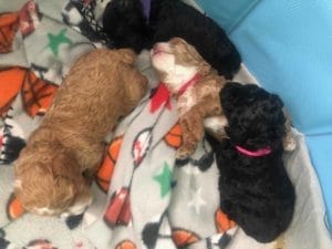 TEACUP GOLDENDOODLE PUPPIES, Precious Doodle Dogs, Teacup Doodle Dogs, Goldendoodle, Doodle Dog, Golden Doodles, A Star is Born, A star is born goldendoodle, a star is born dog, Bradley Cooper's Dog, Teacup Golden Doodles AL, Teacup Golden Doodles AK, Teacup Golden Doodles AZ, Teacup Golden Doodles AR, Teacup Golden Doodles CA, Teacup Golden Doodles CO, Teacup Golden Doodles CT, Teacup Golden Doodles DE, Teacup Golden Doodles FL, Teacup Golden Doodles GA, Teacup Golden Doodles HI, Teacup Golden Doodles ID, Teacup Golden Doodles IL, Teacup Golden Doodles IN, Teacup Golden Doodles IA, Teacup Golden Doodles KS, Teacup Golden Doodles KY, Teacup Golden Doodles LA, Teacup Golden Doodles ME, Teacup Golden Doodles MD, Teacup Golden Doodles MA, Teacup Golden Doodles MI, Teacup Golden Doodles MN, Teacup Golden Doodles MS, Teacup Golden Doodles MO, Teacup Golden Doodles MT, Teacup Golden Doodles NE, Teacup Golden Doodles NV, Teacup Golden Doodles NH, Teacup Golden Doodles NJ, Teacup Golden Doodles NM, Teacup Golden Doodles NY, Teacup Golden Doodles NC, Teacup Golden Doodles ND, Teacup Golden Doodles OH, Teacup Golden Doodles OK, Teacup Golden Doodles OR, Teacup Golden Doodles PA, Teacup Golden Doodles RI, Teacup Golden Doodles SC, Teacup Golden Doodles SD, Teacup Golden Doodles TN, Teacup Golden Doodles TX, Teacup Golden Doodles UT, Teacup Golden Doodles VT, Teacup Golden Doodles VA, Teacup Golden Doodles WA, Teacup Golden Doodles WV, Teacup Golden Doodles WI, Teacup Golden Doodles WY, Bradley Cooper's Goldendoodle, Goldendoodle for sale, Goldendoodle puppies for sale, Miniature goldendoodle, goldendoodle puppies, mini goldendoodle, mini puppies, mini goldendoodle size, f1 goldendoodle, golden retriever poodle, chocolate goldendoodle, small doodles, goldendoodle temperament, goldendoodle colors, goldendoodle price, white goldendoodle, f2 goldendoodle, mini goldendoodle price, mini goldendoodle full grown, f1 mini goldendoodle, f1b goldendoodle, parti goldendoodle, goldendoodles near me, english goldendoodle, australian goldendoodle, red goldendoodle, doodle breeds, brown goldendoodle, goldendoodle cost, adult mini goldendoodle, golden noodle dog, doodle dog breeds, miniature golden doodle, miniature puppies, golden retriever poodle mix, arizona goldendoodles, goldendoodle training, goldendoodle size, how big do mini goldendoodles get, goldendoodle full grown, baby goldendoodle, goldendoodle houston, golden doodles for sale, adult goldendoodle, apricot goldendoodle, goldendoodle grooming, mini golden doodles, goldendoodle shedding, f2b goldendoodle, goldendoodle hypoallergenic, goldendoodle names, english cream goldendoodle, golden retriever and poodle mix, mini goldendoodle puppies, micro goldendoodle, mini goldendoodle puppies for sale, miniature goldendoodle for sale, goldendoodle puppies for adoption, teddy bear goldendoodle, mini goldendoodle rescue, medium goldendoodle, black goldendoodle, mini goldendoodle for sale near me, goldendoodle puppies for sale near me, mini doodle, doodle puppies, mini goldendoodle for sale, goldendoodle breeders near me, miniature goldendoodle for sale near me, toy goldendoodle, petite goldendoodle, golden doodle dog, miniature goldendoodle puppies, mini goldendoodle puppies for sale near me, goldendoodles for sale near me, mini goldedoodle breeders, goldendoodle adoption, f1b mini goldendoodle, small goldendoodle, teacup goldendoodle, goldendoodle puppies near me, goldendoodle breeders, how to groom a goldendoodle, great doodle puppies, golden doodle mix, goldendoodle tampa, goldendoodle facts, white doodle dog, white goldendoodle puppy, mini goldendoodle maryland, country mini doodles, goldendoodle los angeles, toy labradoodle puppies for sale, types of goldendoodles, mini golden retriever puppies, golden goldendoodle, mini golden retriever puppies for sale, miniature australian goldendoodle, goldendoodle sacramento, goldendoodle omaha, labradoodle goldendoodle, f1 medium goldendoodle, BEST goldendoodles, pictures of mini goldendoodles, teacup goldendoodle full grown, micro mini goldendoodle full grown, toy goldendoodle price, goldendoodle chicago, retriever doodle, teacup goldendoodle puppies for sale, cute goldendoodle, mini teddy bear puppies, miniature goldendoodle full grown, f2 mini goldendoodle, goldendoodle spokane, mini goldendoodle chicago, micro mini goldendoodle, how nbig do miniature goldendoodles get, brown mini goldendoodle, mini doodle breeds, poodle doodle dog, what is a mini goldendoodle, black mini goldendoodle, mini irish doodle puppies for sale, f1b goldendoodle size, toy golden doodles, chocolate brown goldendoodle puppies for sale, petite goldendoodle full grown, goldendoodle behavior, american goldendoodle, f1b medium goldendoodle, goldendoodle puppy cost, cute goldendoodle puppies, goldendoodle indianapolis, teddy goldendoodle, mini goldendoodle weight, teddy bear golden doodles, f1b goldendoodle puppies for sale, miniature goldendoodle size, chocolate goldendoodle puppy, english cream mini goldendoodle, doodle puppies near me, red miniature goldendoodle, cream goldendoodle, goldendoodle puppy cut, mini goldendoodle hypoallergenic, dog breed goldendoodle, goldendoodle poodle mixes, goldendoodle allergies, goldendoodle info, sandy ridge goldendoodles, lakeshore goldendoodles, toy goldendoodle puppies for sale, labradoodle and goldendoodle, goldendoodle las vegas, goldendoodle phoenix, doodle breeders near me, miniature goldendoodle weight, black and white goldendoodle, sarasota goldendoodles, mini goldendoodle dallas, a goldendoodle, what is a goldendoodle, goldendoodle dallas, mini golden doodles for sale, ginger doodle puppy, how much does a mini goldendoodle cost, goldendoodle san antonio, goldendoodle photos, goldendoodle cuts, chocolate mini goldendoodle, all about goldendoodles, goldendoodle cincinnati, black doodle dog, goldendoodle weight, miniature goldendoodle breeders, goldendoodle information, miniature goldendoodle puppies for sale, doodle puppies for sale near me, black labradoodle puppies for sale, goldendoodle seattle, golden doodles near me, teacup goldendoodle for sale, golden retriever poodle puppy, goldendoodle rochester ny, goldendoodle and poodle mix, akc goldendoodle, goldendoodle kansas city, mini goldendoodle facts, goldendoodle austin, goldendoodle doodle, goldendoodle tulsa, curly goldendoodle, brown goldendoodle puppies, f1b labradoodle puppies for sale, red mini goldendoodle, goldendoodle poodle, chocolate goldendoodle for sale, tiny goldendoodle, goldendoodle puppies breeders, english goldendoodle puppies for sale, mini golden labradoodle, f1b mini teddy bear goldendoodles, red goldendoodle puppies for sale, miniature golden retriever breeders, f1 goldendoodles for sale, teacup goldendoodle puppies, toy mini goldendoodle, xs petite goldendoodle, f2 goldendoodle puppies for sale, mini goldendoodle cost, black goldendoodle for sale, english teddy bear goldendoodle, small doodle dogs, goldendoodle nashville, english goldendoodle puppies, golden retriever poodle mix for sale, red goldendoodle puppy, parti goldendoodles for sale, english cream goldendoodles for sale, doodle puppies for sale, golden retriever poodle mix puppies, goldendoodle tucson, f1b mini goldendoodle puppies for sale, mini goldendoodle breeders northeast, teddy bear goldendoodle, toy goldendoodle rescue, petite mini goldendoodle, goldendoodle stuff, mini goldendoodles near me, teddy bear goldendoodle puppies, f1 goldendoodle puppies, teddy bear goldendoodles for sale, silver goldendoodle, buy goldendoodle, mini golden doodle dog, teddy bear goldendoodles mini, micro mini goldendoodle puppies for sale, goldendoodle dogs for sale, best goldendoodle breeders, chocolate goldendoodle puppies for sale, doodle dogs for sale, toy goldendoodle puppies, mini doodle dog, toy goldendoodle breeders, doodles for sale, goldendoodle hypoallergenic dog, mini goldendoodle breeders near me, english goldendoodle breeders, f1b mini goldendoodle for sale, teacup goldendoodle price, petite goldendoodle for sale, mini english goldendoodle, mini goldendoodle info, miniature goldendoodle puppies for sale near me, black goldendoodle puppies for sale, f1 goldendoodle puppies for sale, Teacup Goldendoodles AL, Teacup Goldendoodles AK, Teacup Goldendoodles AZ, Teacup Goldendoodles AR, Teacup Goldendoodles CA, Teacup Goldendoodles CO, Teacup Goldendoodles CT, Teacup Goldendoodles DE, Teacup Goldendoodles FL, Teacup Goldendoodles GA, Teacup Goldendoodles HI, Teacup Goldendoodles ID, Teacup Goldendoodles IL, Teacup Goldendoodles IN, Teacup Goldendoodles IA, Teacup Goldendoodles KS, Teacup Goldendoodles KY, Teacup Goldendoodles LA, Teacup Goldendoodles ME, Teacup Goldendoodles MD, Teacup Goldendoodles MA, Teacup Goldendoodles MI, Teacup Goldendoodles MN, Teacup Goldendoodles MS, Teacup Goldendoodles MO, Teacup Goldendoodles MT, Teacup Goldendoodles NE, Teacup Goldendoodles NV, Teacup Goldendoodles NH, Teacup Goldendoodles NJ, Teacup Goldendoodles NM, Teacup Goldendoodles NY, Teacup Goldendoodles NC, Teacup Goldendoodles ND, Teacup Goldendoodles OH, Teacup Goldendoodles OK, Teacup Goldendoodles OR, Teacup Goldendoodles PA, Teacup Goldendoodles RI, Teacup Goldendoodles SC, Teacup Goldendoodles SD, Teacup Goldendoodles TN, Teacup Goldendoodles TX, Teacup Goldendoodles UT, Teacup Goldendoodles VT, Teacup Goldendoodles VA, Teacup Goldendoodles WA, Teacup Goldendoodles WV, Teacup Goldendoodles WI, Teacup Goldendoodles WY, Toy Goldendoodle Alabama, Toy Goldendoodle Alaska, Toy Goldendoodle Arizona, Toy Goldendoodle Arkansas, Toy Goldendoodle California, Toy Goldendoodle Colorado, Toy Goldendoodle Connecticut, Toy Goldendoodle Delaware, Toy Goldendoodle Florida, Toy Goldendoodle Georgia, Toy Goldendoodle Hawaii, Toy Goldendoodle Idaho, Toy Goldendoodle Illinois, Toy Goldendoodle Indiana, Toy Goldendoodle Iowa, Toy Goldendoodle Kansas, Toy Goldendoodle Kentucky, Toy Goldendoodle Louisiana, Toy Goldendoodle Maine, Toy Goldendoodle Maryland, Toy Goldendoodle Massachusetts, Toy Goldendoodle Michigan, Toy Goldendoodle Minnesota, Toy Goldendoodle Mississippi, Toy Goldendoodle Missouri, Toy Goldendoodle Montana, Toy Goldendoodle Nebraska, Toy Goldendoodle Nevada, Toy Goldendoodle New Hampshire, Toy Goldendoodle New Jersey, Toy Goldendoodle New Mexico, Toy Goldendoodle New York, Toy Goldendoodle North Carolina, Toy Goldendoodle North Dakota, Toy Goldendoodle Ohio, Toy Goldendoodle Oklahoma, Toy Goldendoodle Oregon, Toy Goldendoodle Pennsylvania, Toy Goldendoodle Rhode Island, Toy Goldendoodle South Carolina, Toy Goldendoodle South Dakota, Toy Goldendoodle Tennessee, Toy Goldendoodle Texas, Toy Goldendoodle Utah, Toy Goldendoodle Vermont, Toy Goldendoodle Virginia, Toy Goldendoodle Washington, Toy Goldendoodle West Virginia, Toy Goldendoodle Wisconsin, Toy Goldendoodle Wyoming, Mini Goldendoodle breeders AL, Mini Goldendoodle breeders AK, Mini Goldendoodle breeders AZ, Mini Goldendoodle breeders AR, Mini Goldendoodle breeders CA, Mini Goldendoodle breeders CO, Mini Goldendoodle breeders CT, Mini Goldendoodle breeders DE, Mini Goldendoodle breeders FL, Mini Goldendoodle breeders GA, Mini Goldendoodle breeders HI, Mini Goldendoodle breeders ID, Mini Goldendoodle breeders IL, Mini Goldendoodle breeders IN, Mini Goldendoodle breeders IA, Mini Goldendoodle breeders KS, Mini Goldendoodle breeders KY, Mini Goldendoodle breeders LA, Mini Goldendoodle breeders ME, Mini Goldendoodle breeders MD, Mini Goldendoodle breeders MA, Mini Goldendoodle breeders MI, Mini Goldendoodle breeders MN, Mini Goldendoodle breeders MS, Mini Goldendoodle breeders MO, Mini Goldendoodle breeders MT, Mini Goldendoodle breeders NE, Mini Goldendoodle breeders NV, Mini Goldendoodle breeders NH, Mini Goldendoodle breeders NJ, Mini Goldendoodle breeders NM, Mini Goldendoodle breeders NY, Mini Goldendoodle breeders NC, Mini Goldendoodle breeders ND, Mini Goldendoodle breeders OH, Mini Goldendoodle breeders OK, Mini Goldendoodle breeders OR, Mini Goldendoodle breeders PA, Mini Goldendoodle breeders RI, Mini Goldendoodle breeders SC, Mini Goldendoodle breeders SD, Mini Goldendoodle breeders TN, Mini Goldendoodle breeders TX, Mini Goldendoodle breeders UT, Mini Goldendoodle breeders VT, Mini Goldendoodle breeders VA, Mini Goldendoodle breeders WA, Mini Goldendoodle breeders WV, Mini Goldendoodle breeders WI, Mini Goldendoodle breeders WY, Mini Goldendoodle puppies for sale in AL, Mini Goldendoodle puppies for sale in AK, Mini Goldendoodle puppies for sale in AZ, Mini Goldendoodle puppies for sale in AR, Mini Goldendoodle puppies for sale in CA, Mini Goldendoodle puppies for sale in CO, Mini Goldendoodle puppies for sale in CT, Mini Goldendoodle puppies for sale in DE, Mini Goldendoodle puppies for sale in FL, Mini Goldendoodle puppies for sale in GA, Mini Goldendoodle puppies for sale in HI, Mini Goldendoodle puppies for sale in ID, Mini Goldendoodle puppies for sale in IL, Mini Goldendoodle puppies for sale in IN, Mini Goldendoodle puppies for sale in IA, Mini Goldendoodle puppies for sale in KS, Mini Goldendoodle puppies for sale in KY, Mini Goldendoodle puppies for sale in LA, Mini Goldendoodle puppies for sale in ME, Mini Goldendoodle puppies for sale in MD, Mini Goldendoodle puppies for sale in MA, Mini Goldendoodle puppies for sale in MI, Mini Goldendoodle puppies for sale in MN, Mini Goldendoodle puppies for sale in MS, Mini Goldendoodle puppies for sale in MO, Mini Goldendoodle puppies for sale in MT, Mini Goldendoodle puppies for sale in NE, Mini Goldendoodle puppies for sale in NV, Mini Goldendoodle puppies for sale in NH, Mini Goldendoodle puppies for sale in NJ, Mini Goldendoodle puppies for sale in NM, Mini Goldendoodle puppies for sale in NY, Mini Goldendoodle puppies for sale in NC, Mini Goldendoodle puppies for sale in ND, Mini Goldendoodle puppies for sale in OH, Mini Goldendoodle puppies for sale in OK, Mini Goldendoodle puppies for sale in OR, Mini Goldendoodle puppies for sale in PA, Mini Goldendoodle puppies for sale in RI, Mini Goldendoodle puppies for sale in SC, Mini Goldendoodle puppies for sale in SD, Mini Goldendoodle puppies for sale in TN, Mini Goldendoodle puppies for sale in TX, Mini Goldendoodle puppies for sale in UT, Mini Goldendoodle puppies for sale in VT, Mini Goldendoodle puppies for sale in VA, Mini Goldendoodle puppies for sale in WA, Mini Goldendoodle puppies for sale in WV, Mini Goldendoodle puppies for sale in WI, Mini Goldendoodle puppies for sale in WY, Miniature Goldendoodles for sale in AL, Miniature Goldendoodles for sale in AK, Miniature Goldendoodles for sale in AZ, Miniature Goldendoodles for sale in AR, Miniature Goldendoodles for sale in CA, Miniature Goldendoodles for sale in CO, Miniature Goldendoodles for sale in CT, Miniature Goldendoodles for sale in DE, Miniature Goldendoodles for sale in FL, Miniature Goldendoodles for sale in GA, Miniature Goldendoodles for sale in HI, Miniature Goldendoodles for sale in ID, Miniature Goldendoodles for sale in IL, Miniature Goldendoodles for sale in IN, Miniature Goldendoodles for sale in IA, Miniature Goldendoodles for sale in KS, Miniature Goldendoodles for sale in KY, Miniature Goldendoodles for sale in LA, Miniature Goldendoodles for sale in ME, Miniature Goldendoodles for sale in MD, Miniature Goldendoodles for sale in MA, Miniature Goldendoodles for sale in MI, Miniature Goldendoodles for sale in MN, Miniature Goldendoodles for sale in MS, Miniature Goldendoodles for sale in MO, Miniature Goldendoodles for sale in MT, Miniature Goldendoodles for sale in NE, Miniature Goldendoodles for sale in NV, Miniature Goldendoodles for sale in NH, Miniature Goldendoodles for sale in NJ, Miniature Goldendoodles for sale in NM, Miniature Goldendoodles for sale in NY, Miniature Goldendoodles for sale in NC, Miniature Goldendoodles for sale in ND, Miniature Goldendoodles for sale in OH, Miniature Goldendoodles for sale in OK, Miniature Goldendoodles for sale in OR, Miniature Goldendoodles for sale in PA, Miniature Goldendoodles for sale in RI, Miniature Goldendoodles for sale in SC, Miniature Goldendoodles for sale in SD, Miniature Goldendoodles for sale in TN, Miniature Goldendoodles for sale in TX, Miniature Goldendoodles for sale in UT, Miniature Goldendoodles for sale in VT, Miniature Goldendoodles for sale in VA, Miniature Goldendoodles for sale in WA, Miniature Goldendoodles for sale in WV, Miniature Goldendoodles for sale in WI, Miniature Goldendoodles for sale in WY, Miniature Goldendoodle Alabama, Miniature Goldendoodle Alaska, Miniature Goldendoodle Arizona, Miniature Goldendoodle Arkansas, Miniature Goldendoodle California, Miniature Goldendoodle Colorado, Miniature Goldendoodle Connecticut, Miniature Goldendoodle Delaware, Miniature Goldendoodle Florida, Miniature Goldendoodle Georgia, Miniature Goldendoodle Hawaii, Miniature Goldendoodle Idaho, Miniature Goldendoodle Illinois, Miniature Goldendoodle Indiana, Miniature Goldendoodle Iowa, Miniature Goldendoodle Kansas, Miniature Goldendoodle Kentucky, Miniature Goldendoodle Louisiana, Miniature Goldendoodle Maine, Miniature Goldendoodle Maryland, Miniature Goldendoodle Massachusetts, Miniature Goldendoodle Michigan, Miniature Goldendoodle Minnesota, Miniature Goldendoodle Mississippi, Miniature Goldendoodle Missouri, Miniature Goldendoodle Montana, Miniature Goldendoodle Nebraska, Miniature Goldendoodle Nevada, Miniature Goldendoodle New Hampshire, Miniature Goldendoodle New Jersey, Miniature Goldendoodle New Mexico, Miniature Goldendoodle New York, Miniature Goldendoodle North Carolina, Miniature Goldendoodle North Dakota, Miniature Goldendoodle Ohio, Miniature Goldendoodle Oklahoma, Miniature Goldendoodle Oregon, Miniature Goldendoodle Pennsylvania, Miniature Goldendoodle Rhode Island, Miniature Goldendoodle South Carolina, Miniature Goldendoodle South Dakota, Miniature Goldendoodle Tennessee, Miniature Goldendoodle Texas, Miniature Goldendoodle Utah, Miniature Goldendoodle Vermont, Miniature Goldendoodle Virginia, Miniature Goldendoodle Washington, Miniature Goldendoodle West Virginia, Miniature Goldendoodle Wisconsin, Miniature Goldendoodle Wyoming, Goldendoodle Breeders AL, Goldendoodle Breeders AK, Goldendoodle Breeders AZ, Goldendoodle Breeders AR, Goldendoodle Breeders CA, Goldendoodle Breeders CO, Goldendoodle Breeders CT, Goldendoodle Breeders DE, Goldendoodle Breeders FL, Goldendoodle Breeders GA, Goldendoodle Breeders HI, Goldendoodle Breeders ID, Goldendoodle Breeders IL, Goldendoodle Breeders IN, Goldendoodle Breeders IA, Goldendoodle Breeders KS, Goldendoodle Breeders KY, Goldendoodle Breeders LA, Goldendoodle Breeders ME, Goldendoodle Breeders MD, Goldendoodle Breeders MA, Goldendoodle Breeders MI, Goldendoodle Breeders MN, Goldendoodle Breeders MS, Goldendoodle Breeders MO, Goldendoodle Breeders MT, Goldendoodle Breeders NE, Goldendoodle Breeders NV, Goldendoodle Breeders NH, Goldendoodle Breeders NJ, Goldendoodle Breeders NM, Goldendoodle Breeders NY, Goldendoodle Breeders NC, Goldendoodle Breeders ND, Goldendoodle Breeders OH, Goldendoodle Breeders OK, Goldendoodle Breeders OR, Goldendoodle Breeders PA, Goldendoodle Breeders RI, Goldendoodle Breeders SC, Goldendoodle Breeders SD, Goldendoodle Breeders TN, Goldendoodle Breeders TX, Goldendoodle Breeders UT, Goldendoodle Breeders VT, Goldendoodle Breeders VA, Goldendoodle Breeders WA, Goldendoodle Breeders WV, Goldendoodle Breeders WI, Goldendoodle Breeders WY, Goldendoodles for sale in AL, Goldendoodles for sale in AK, Goldendoodles for sale in AZ, Goldendoodles for sale in AR, Goldendoodles for sale in CA, Goldendoodles for sale in CO, Goldendoodles for sale in CT, Goldendoodles for sale in DE, Goldendoodles for sale in FL, Goldendoodles for sale in GA, Goldendoodles for sale in HI, Goldendoodles for sale in ID, Goldendoodles for sale in IL, Goldendoodles for sale in IN, Goldendoodles for sale in IA, Goldendoodles for sale in KS, Goldendoodles for sale in KY, Goldendoodles for sale in LA, Goldendoodles for sale in ME, Goldendoodles for sale in MD, Goldendoodles for sale in MA, Goldendoodles for sale in MI, Goldendoodles for sale in MN, Goldendoodles for sale in MS, Goldendoodles for sale in MO, Goldendoodles for sale in MT, Goldendoodles for sale in NE, Goldendoodles for sale in NV, Goldendoodles for sale in NH, Goldendoodles for sale in NJ, Goldendoodles for sale in NM, Goldendoodles for sale in NY, Goldendoodles for sale in NC, Goldendoodles for sale in ND, Goldendoodles for sale in OH, Goldendoodles for sale in OK, Goldendoodles for sale in OR, Goldendoodles for sale in PA, Goldendoodles for sale in RI, Goldendoodles for sale in SC, Goldendoodles for sale in SD, Goldendoodles for sale in TN, Goldendoodles for sale in TX, Goldendoodles for sale in UT, Goldendoodles for sale in VT, Goldendoodles for sale in VA, Goldendoodles for sale in WA, Goldendoodles for sale in WV, Goldendoodles for sale in WI, Goldendoodles for sale in WY,