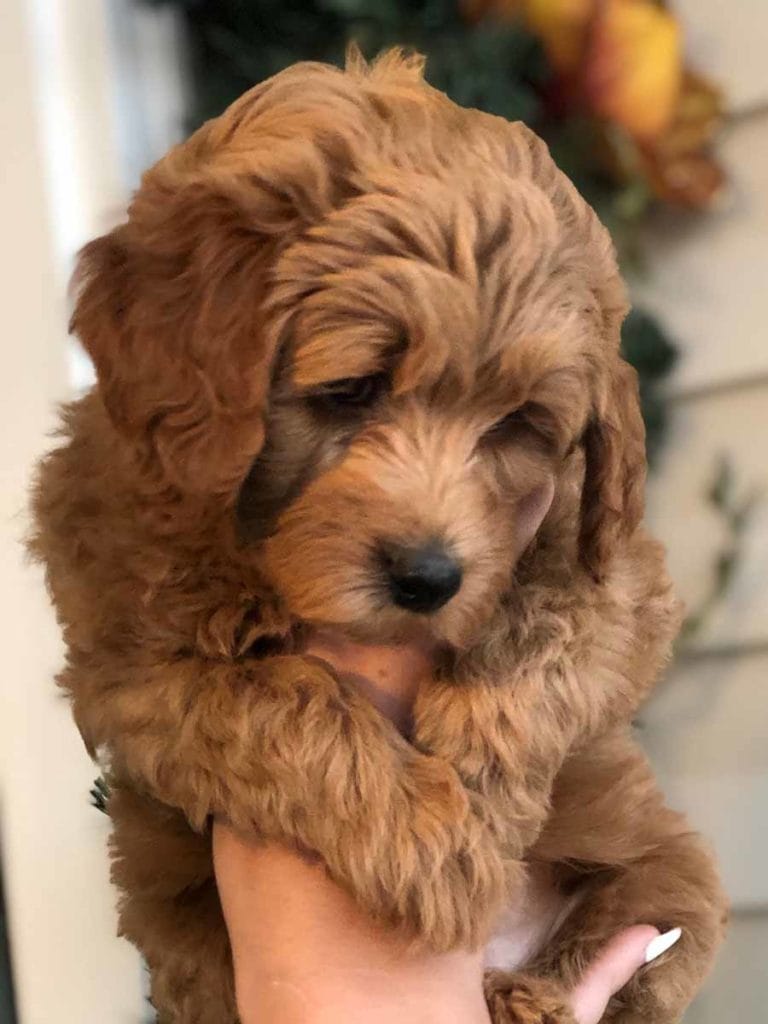 TEACUP GOLDENDOODLE PUPPIES, Precious Doodle Dogs, Teacup Doodle Dogs, Goldendoodle, Doodle Dog, Golden Doodles, A Star is Born, A star is born goldendoodle, a star is born dog, Bradley Cooper's Dog, Teacup Golden Doodles AL, Teacup Golden Doodles AK, Teacup Golden Doodles AZ, Teacup Golden Doodles AR, Teacup Golden Doodles CA, Teacup Golden Doodles CO, Teacup Golden Doodles CT, Teacup Golden Doodles DE, Teacup Golden Doodles FL, Teacup Golden Doodles GA, Teacup Golden Doodles HI, Teacup Golden Doodles ID, Teacup Golden Doodles IL, Teacup Golden Doodles IN, Teacup Golden Doodles IA, Teacup Golden Doodles KS, Teacup Golden Doodles KY, Teacup Golden Doodles LA, Teacup Golden Doodles ME, Teacup Golden Doodles MD, Teacup Golden Doodles MA, Teacup Golden Doodles MI, Teacup Golden Doodles MN, Teacup Golden Doodles MS, Teacup Golden Doodles MO, Teacup Golden Doodles MT, Teacup Golden Doodles NE, Teacup Golden Doodles NV, Teacup Golden Doodles NH, Teacup Golden Doodles NJ, Teacup Golden Doodles NM, Teacup Golden Doodles NY, Teacup Golden Doodles NC, Teacup Golden Doodles ND, Teacup Golden Doodles OH, Teacup Golden Doodles OK, Teacup Golden Doodles OR, Teacup Golden Doodles PA, Teacup Golden Doodles RI, Teacup Golden Doodles SC, Teacup Golden Doodles SD, Teacup Golden Doodles TN, Teacup Golden Doodles TX, Teacup Golden Doodles UT, Teacup Golden Doodles VT, Teacup Golden Doodles VA, Teacup Golden Doodles WA, Teacup Golden Doodles WV, Teacup Golden Doodles WI, Teacup Golden Doodles WY, Bradley Cooper's Goldendoodle, Goldendoodle for sale, Goldendoodle puppies for sale, Miniature goldendoodle, goldendoodle puppies, mini goldendoodle, mini puppies, mini goldendoodle size, f1 goldendoodle, golden retriever poodle, chocolate goldendoodle, small doodles, goldendoodle temperament, goldendoodle colors, goldendoodle price, white goldendoodle, f2 goldendoodle, mini goldendoodle price, mini goldendoodle full grown, f1 mini goldendoodle, f1b goldendoodle, parti goldendoodle, goldendoodles near me, english goldendoodle, australian goldendoodle, red goldendoodle, doodle breeds, brown goldendoodle, goldendoodle cost, adult mini goldendoodle, golden noodle dog, doodle dog breeds, miniature golden doodle, miniature puppies, golden retriever poodle mix, arizona goldendoodles, goldendoodle training, goldendoodle size, how big do mini goldendoodles get, goldendoodle full grown, baby goldendoodle, goldendoodle houston, golden doodles for sale, adult goldendoodle, apricot goldendoodle, goldendoodle grooming, mini golden doodles, goldendoodle shedding, f2b goldendoodle, goldendoodle hypoallergenic, goldendoodle names, english cream goldendoodle, golden retriever and poodle mix, mini goldendoodle puppies, micro goldendoodle, mini goldendoodle puppies for sale, miniature goldendoodle for sale, goldendoodle puppies for adoption, teddy bear goldendoodle, mini goldendoodle rescue, medium goldendoodle, black goldendoodle, mini goldendoodle for sale near me, goldendoodle puppies for sale near me, mini doodle, doodle puppies, mini goldendoodle for sale, goldendoodle breeders near me, miniature goldendoodle for sale near me, toy goldendoodle, petite goldendoodle, golden doodle dog, miniature goldendoodle puppies, mini goldendoodle puppies for sale near me, goldendoodles for sale near me, mini goldedoodle breeders, goldendoodle adoption, f1b mini goldendoodle, small goldendoodle, teacup goldendoodle, goldendoodle puppies near me, goldendoodle breeders, how to groom a goldendoodle, great doodle puppies, golden doodle mix, goldendoodle tampa, goldendoodle facts, white doodle dog, white goldendoodle puppy, mini goldendoodle maryland, country mini doodles, goldendoodle los angeles, toy labradoodle puppies for sale, types of goldendoodles, mini golden retriever puppies, golden goldendoodle, mini golden retriever puppies for sale, miniature australian goldendoodle, goldendoodle sacramento, goldendoodle omaha, labradoodle goldendoodle, f1 medium goldendoodle, BEST goldendoodles, pictures of mini goldendoodles, teacup goldendoodle full grown, micro mini goldendoodle full grown, toy goldendoodle price, goldendoodle chicago, retriever doodle, teacup goldendoodle puppies for sale, cute goldendoodle, mini teddy bear puppies, miniature goldendoodle full grown, f2 mini goldendoodle, goldendoodle spokane, mini goldendoodle chicago, micro mini goldendoodle, how nbig do miniature goldendoodles get, brown mini goldendoodle, mini doodle breeds, poodle doodle dog, what is a mini goldendoodle, black mini goldendoodle, mini irish doodle puppies for sale, f1b goldendoodle size, toy golden doodles, chocolate brown goldendoodle puppies for sale, petite goldendoodle full grown, goldendoodle behavior, american goldendoodle, f1b medium goldendoodle, goldendoodle puppy cost, cute goldendoodle puppies, goldendoodle indianapolis, teddy goldendoodle, mini goldendoodle weight, teddy bear golden doodles, f1b goldendoodle puppies for sale, miniature goldendoodle size, chocolate goldendoodle puppy, english cream mini goldendoodle, doodle puppies near me, red miniature goldendoodle, cream goldendoodle, goldendoodle puppy cut, mini goldendoodle hypoallergenic, dog breed goldendoodle, goldendoodle poodle mixes, goldendoodle allergies, goldendoodle info, sandy ridge goldendoodles, lakeshore goldendoodles, toy goldendoodle puppies for sale, labradoodle and goldendoodle, goldendoodle las vegas, goldendoodle phoenix, doodle breeders near me, miniature goldendoodle weight, black and white goldendoodle, sarasota goldendoodles, mini goldendoodle dallas, a goldendoodle, what is a goldendoodle, goldendoodle dallas, mini golden doodles for sale, ginger doodle puppy, how much does a mini goldendoodle cost, goldendoodle san antonio, goldendoodle photos, goldendoodle cuts, chocolate mini goldendoodle, all about goldendoodles, goldendoodle cincinnati, black doodle dog, goldendoodle weight, miniature goldendoodle breeders, goldendoodle information, miniature goldendoodle puppies for sale, doodle puppies for sale near me, black labradoodle puppies for sale, goldendoodle seattle, golden doodles near me, teacup goldendoodle for sale, golden retriever poodle puppy, goldendoodle rochester ny, goldendoodle and poodle mix, akc goldendoodle, goldendoodle kansas city, mini goldendoodle facts, goldendoodle austin, goldendoodle doodle, goldendoodle tulsa, curly goldendoodle, brown goldendoodle puppies, f1b labradoodle puppies for sale, red mini goldendoodle, goldendoodle poodle, chocolate goldendoodle for sale, tiny goldendoodle, goldendoodle puppies breeders, english goldendoodle puppies for sale, mini golden labradoodle, f1b mini teddy bear goldendoodles, red goldendoodle puppies for sale, miniature golden retriever breeders, f1 goldendoodles for sale, teacup goldendoodle puppies, toy mini goldendoodle, xs petite goldendoodle, f2 goldendoodle puppies for sale, mini goldendoodle cost, black goldendoodle for sale, english teddy bear goldendoodle, small doodle dogs, goldendoodle nashville, english goldendoodle puppies, golden retriever poodle mix for sale, red goldendoodle puppy, parti goldendoodles for sale, english cream goldendoodles for sale, doodle puppies for sale, golden retriever poodle mix puppies, goldendoodle tucson, f1b mini goldendoodle puppies for sale, mini goldendoodle breeders northeast, teddy bear goldendoodle, toy goldendoodle rescue, petite mini goldendoodle, goldendoodle stuff, mini goldendoodles near me, teddy bear goldendoodle puppies, f1 goldendoodle puppies, teddy bear goldendoodles for sale, silver goldendoodle, buy goldendoodle, mini golden doodle dog, teddy bear goldendoodles mini, micro mini goldendoodle puppies for sale, goldendoodle dogs for sale, best goldendoodle breeders, chocolate goldendoodle puppies for sale, doodle dogs for sale, toy goldendoodle puppies, mini doodle dog, toy goldendoodle breeders, doodles for sale, goldendoodle hypoallergenic dog, mini goldendoodle breeders near me, english goldendoodle breeders, f1b mini goldendoodle for sale, teacup goldendoodle price, petite goldendoodle for sale, mini english goldendoodle, mini goldendoodle info, miniature goldendoodle puppies for sale near me, black goldendoodle puppies for sale, f1 goldendoodle puppies for sale, Teacup Goldendoodles AL, Teacup Goldendoodles AK, Teacup Goldendoodles AZ, Teacup Goldendoodles AR, Teacup Goldendoodles CA, Teacup Goldendoodles CO, Teacup Goldendoodles CT, Teacup Goldendoodles DE, Teacup Goldendoodles FL, Teacup Goldendoodles GA, Teacup Goldendoodles HI, Teacup Goldendoodles ID, Teacup Goldendoodles IL, Teacup Goldendoodles IN, Teacup Goldendoodles IA, Teacup Goldendoodles KS, Teacup Goldendoodles KY, Teacup Goldendoodles LA, Teacup Goldendoodles ME, Teacup Goldendoodles MD, Teacup Goldendoodles MA, Teacup Goldendoodles MI, Teacup Goldendoodles MN, Teacup Goldendoodles MS, Teacup Goldendoodles MO, Teacup Goldendoodles MT, Teacup Goldendoodles NE, Teacup Goldendoodles NV, Teacup Goldendoodles NH, Teacup Goldendoodles NJ, Teacup Goldendoodles NM, Teacup Goldendoodles NY, Teacup Goldendoodles NC, Teacup Goldendoodles ND, Teacup Goldendoodles OH, Teacup Goldendoodles OK, Teacup Goldendoodles OR, Teacup Goldendoodles PA, Teacup Goldendoodles RI, Teacup Goldendoodles SC, Teacup Goldendoodles SD, Teacup Goldendoodles TN, Teacup Goldendoodles TX, Teacup Goldendoodles UT, Teacup Goldendoodles VT, Teacup Goldendoodles VA, Teacup Goldendoodles WA, Teacup Goldendoodles WV, Teacup Goldendoodles WI, Teacup Goldendoodles WY, Toy Goldendoodle Alabama, Toy Goldendoodle Alaska, Toy Goldendoodle Arizona, Toy Goldendoodle Arkansas, Toy Goldendoodle California, Toy Goldendoodle Colorado, Toy Goldendoodle Connecticut, Toy Goldendoodle Delaware, Toy Goldendoodle Florida, Toy Goldendoodle Georgia, Toy Goldendoodle Hawaii, Toy Goldendoodle Idaho, Toy Goldendoodle Illinois, Toy Goldendoodle Indiana, Toy Goldendoodle Iowa, Toy Goldendoodle Kansas, Toy Goldendoodle Kentucky, Toy Goldendoodle Louisiana, Toy Goldendoodle Maine, Toy Goldendoodle Maryland, Toy Goldendoodle Massachusetts, Toy Goldendoodle Michigan, Toy Goldendoodle Minnesota, Toy Goldendoodle Mississippi, Toy Goldendoodle Missouri, Toy Goldendoodle Montana, Toy Goldendoodle Nebraska, Toy Goldendoodle Nevada, Toy Goldendoodle New Hampshire, Toy Goldendoodle New Jersey, Toy Goldendoodle New Mexico, Toy Goldendoodle New York, Toy Goldendoodle North Carolina, Toy Goldendoodle North Dakota, Toy Goldendoodle Ohio, Toy Goldendoodle Oklahoma, Toy Goldendoodle Oregon, Toy Goldendoodle Pennsylvania, Toy Goldendoodle Rhode Island, Toy Goldendoodle South Carolina, Toy Goldendoodle South Dakota, Toy Goldendoodle Tennessee, Toy Goldendoodle Texas, Toy Goldendoodle Utah, Toy Goldendoodle Vermont, Toy Goldendoodle Virginia, Toy Goldendoodle Washington, Toy Goldendoodle West Virginia, Toy Goldendoodle Wisconsin, Toy Goldendoodle Wyoming, Mini Goldendoodle breeders AL, Mini Goldendoodle breeders AK, Mini Goldendoodle breeders AZ, Mini Goldendoodle breeders AR, Mini Goldendoodle breeders CA, Mini Goldendoodle breeders CO, Mini Goldendoodle breeders CT, Mini Goldendoodle breeders DE, Mini Goldendoodle breeders FL, Mini Goldendoodle breeders GA, Mini Goldendoodle breeders HI, Mini Goldendoodle breeders ID, Mini Goldendoodle breeders IL, Mini Goldendoodle breeders IN, Mini Goldendoodle breeders IA, Mini Goldendoodle breeders KS, Mini Goldendoodle breeders KY, Mini Goldendoodle breeders LA, Mini Goldendoodle breeders ME, Mini Goldendoodle breeders MD, Mini Goldendoodle breeders MA, Mini Goldendoodle breeders MI, Mini Goldendoodle breeders MN, Mini Goldendoodle breeders MS, Mini Goldendoodle breeders MO, Mini Goldendoodle breeders MT, Mini Goldendoodle breeders NE, Mini Goldendoodle breeders NV, Mini Goldendoodle breeders NH, Mini Goldendoodle breeders NJ, Mini Goldendoodle breeders NM, Mini Goldendoodle breeders NY, Mini Goldendoodle breeders NC, Mini Goldendoodle breeders ND, Mini Goldendoodle breeders OH, Mini Goldendoodle breeders OK, Mini Goldendoodle breeders OR, Mini Goldendoodle breeders PA, Mini Goldendoodle breeders RI, Mini Goldendoodle breeders SC, Mini Goldendoodle breeders SD, Mini Goldendoodle breeders TN, Mini Goldendoodle breeders TX, Mini Goldendoodle breeders UT, Mini Goldendoodle breeders VT, Mini Goldendoodle breeders VA, Mini Goldendoodle breeders WA, Mini Goldendoodle breeders WV, Mini Goldendoodle breeders WI, Mini Goldendoodle breeders WY, Mini Goldendoodle puppies for sale in AL, Mini Goldendoodle puppies for sale in AK, Mini Goldendoodle puppies for sale in AZ, Mini Goldendoodle puppies for sale in AR, Mini Goldendoodle puppies for sale in CA, Mini Goldendoodle puppies for sale in CO, Mini Goldendoodle puppies for sale in CT, Mini Goldendoodle puppies for sale in DE, Mini Goldendoodle puppies for sale in FL, Mini Goldendoodle puppies for sale in GA, Mini Goldendoodle puppies for sale in HI, Mini Goldendoodle puppies for sale in ID, Mini Goldendoodle puppies for sale in IL, Mini Goldendoodle puppies for sale in IN, Mini Goldendoodle puppies for sale in IA, Mini Goldendoodle puppies for sale in KS, Mini Goldendoodle puppies for sale in KY, Mini Goldendoodle puppies for sale in LA, Mini Goldendoodle puppies for sale in ME, Mini Goldendoodle puppies for sale in MD, Mini Goldendoodle puppies for sale in MA, Mini Goldendoodle puppies for sale in MI, Mini Goldendoodle puppies for sale in MN, Mini Goldendoodle puppies for sale in MS, Mini Goldendoodle puppies for sale in MO, Mini Goldendoodle puppies for sale in MT, Mini Goldendoodle puppies for sale in NE, Mini Goldendoodle puppies for sale in NV, Mini Goldendoodle puppies for sale in NH, Mini Goldendoodle puppies for sale in NJ, Mini Goldendoodle puppies for sale in NM, Mini Goldendoodle puppies for sale in NY, Mini Goldendoodle puppies for sale in NC, Mini Goldendoodle puppies for sale in ND, Mini Goldendoodle puppies for sale in OH, Mini Goldendoodle puppies for sale in OK, Mini Goldendoodle puppies for sale in OR, Mini Goldendoodle puppies for sale in PA, Mini Goldendoodle puppies for sale in RI, Mini Goldendoodle puppies for sale in SC, Mini Goldendoodle puppies for sale in SD, Mini Goldendoodle puppies for sale in TN, Mini Goldendoodle puppies for sale in TX, Mini Goldendoodle puppies for sale in UT, Mini Goldendoodle puppies for sale in VT, Mini Goldendoodle puppies for sale in VA, Mini Goldendoodle puppies for sale in WA, Mini Goldendoodle puppies for sale in WV, Mini Goldendoodle puppies for sale in WI, Mini Goldendoodle puppies for sale in WY, Miniature Goldendoodles for sale in AL, Miniature Goldendoodles for sale in AK, Miniature Goldendoodles for sale in AZ, Miniature Goldendoodles for sale in AR, Miniature Goldendoodles for sale in CA, Miniature Goldendoodles for sale in CO, Miniature Goldendoodles for sale in CT, Miniature Goldendoodles for sale in DE, Miniature Goldendoodles for sale in FL, Miniature Goldendoodles for sale in GA, Miniature Goldendoodles for sale in HI, Miniature Goldendoodles for sale in ID, Miniature Goldendoodles for sale in IL, Miniature Goldendoodles for sale in IN, Miniature Goldendoodles for sale in IA, Miniature Goldendoodles for sale in KS, Miniature Goldendoodles for sale in KY, Miniature Goldendoodles for sale in LA, Miniature Goldendoodles for sale in ME, Miniature Goldendoodles for sale in MD, Miniature Goldendoodles for sale in MA, Miniature Goldendoodles for sale in MI, Miniature Goldendoodles for sale in MN, Miniature Goldendoodles for sale in MS, Miniature Goldendoodles for sale in MO, Miniature Goldendoodles for sale in MT, Miniature Goldendoodles for sale in NE, Miniature Goldendoodles for sale in NV, Miniature Goldendoodles for sale in NH, Miniature Goldendoodles for sale in NJ, Miniature Goldendoodles for sale in NM, Miniature Goldendoodles for sale in NY, Miniature Goldendoodles for sale in NC, Miniature Goldendoodles for sale in ND, Miniature Goldendoodles for sale in OH, Miniature Goldendoodles for sale in OK, Miniature Goldendoodles for sale in OR, Miniature Goldendoodles for sale in PA, Miniature Goldendoodles for sale in RI, Miniature Goldendoodles for sale in SC, Miniature Goldendoodles for sale in SD, Miniature Goldendoodles for sale in TN, Miniature Goldendoodles for sale in TX, Miniature Goldendoodles for sale in UT, Miniature Goldendoodles for sale in VT, Miniature Goldendoodles for sale in VA, Miniature Goldendoodles for sale in WA, Miniature Goldendoodles for sale in WV, Miniature Goldendoodles for sale in WI, Miniature Goldendoodles for sale in WY, Miniature Goldendoodle Alabama, Miniature Goldendoodle Alaska, Miniature Goldendoodle Arizona, Miniature Goldendoodle Arkansas, Miniature Goldendoodle California, Miniature Goldendoodle Colorado, Miniature Goldendoodle Connecticut, Miniature Goldendoodle Delaware, Miniature Goldendoodle Florida, Miniature Goldendoodle Georgia, Miniature Goldendoodle Hawaii, Miniature Goldendoodle Idaho, Miniature Goldendoodle Illinois, Miniature Goldendoodle Indiana, Miniature Goldendoodle Iowa, Miniature Goldendoodle Kansas, Miniature Goldendoodle Kentucky, Miniature Goldendoodle Louisiana, Miniature Goldendoodle Maine, Miniature Goldendoodle Maryland, Miniature Goldendoodle Massachusetts, Miniature Goldendoodle Michigan, Miniature Goldendoodle Minnesota, Miniature Goldendoodle Mississippi, Miniature Goldendoodle Missouri, Miniature Goldendoodle Montana, Miniature Goldendoodle Nebraska, Miniature Goldendoodle Nevada, Miniature Goldendoodle New Hampshire, Miniature Goldendoodle New Jersey, Miniature Goldendoodle New Mexico, Miniature Goldendoodle New York, Miniature Goldendoodle North Carolina, Miniature Goldendoodle North Dakota, Miniature Goldendoodle Ohio, Miniature Goldendoodle Oklahoma, Miniature Goldendoodle Oregon, Miniature Goldendoodle Pennsylvania, Miniature Goldendoodle Rhode Island, Miniature Goldendoodle South Carolina, Miniature Goldendoodle South Dakota, Miniature Goldendoodle Tennessee, Miniature Goldendoodle Texas, Miniature Goldendoodle Utah, Miniature Goldendoodle Vermont, Miniature Goldendoodle Virginia, Miniature Goldendoodle Washington, Miniature Goldendoodle West Virginia, Miniature Goldendoodle Wisconsin, Miniature Goldendoodle Wyoming, Goldendoodle Breeders AL, Goldendoodle Breeders AK, Goldendoodle Breeders AZ, Goldendoodle Breeders AR, Goldendoodle Breeders CA, Goldendoodle Breeders CO, Goldendoodle Breeders CT, Goldendoodle Breeders DE, Goldendoodle Breeders FL, Goldendoodle Breeders GA, Goldendoodle Breeders HI, Goldendoodle Breeders ID, Goldendoodle Breeders IL, Goldendoodle Breeders IN, Goldendoodle Breeders IA, Goldendoodle Breeders KS, Goldendoodle Breeders KY, Goldendoodle Breeders LA, Goldendoodle Breeders ME, Goldendoodle Breeders MD, Goldendoodle Breeders MA, Goldendoodle Breeders MI, Goldendoodle Breeders MN, Goldendoodle Breeders MS, Goldendoodle Breeders MO, Goldendoodle Breeders MT, Goldendoodle Breeders NE, Goldendoodle Breeders NV, Goldendoodle Breeders NH, Goldendoodle Breeders NJ, Goldendoodle Breeders NM, Goldendoodle Breeders NY, Goldendoodle Breeders NC, Goldendoodle Breeders ND, Goldendoodle Breeders OH, Goldendoodle Breeders OK, Goldendoodle Breeders OR, Goldendoodle Breeders PA, Goldendoodle Breeders RI, Goldendoodle Breeders SC, Goldendoodle Breeders SD, Goldendoodle Breeders TN, Goldendoodle Breeders TX, Goldendoodle Breeders UT, Goldendoodle Breeders VT, Goldendoodle Breeders VA, Goldendoodle Breeders WA, Goldendoodle Breeders WV, Goldendoodle Breeders WI, Goldendoodle Breeders WY, Goldendoodles for sale in AL, Goldendoodles for sale in AK, Goldendoodles for sale in AZ, Goldendoodles for sale in AR, Goldendoodles for sale in CA, Goldendoodles for sale in CO, Goldendoodles for sale in CT, Goldendoodles for sale in DE, Goldendoodles for sale in FL, Goldendoodles for sale in GA, Goldendoodles for sale in HI, Goldendoodles for sale in ID, Goldendoodles for sale in IL, Goldendoodles for sale in IN, Goldendoodles for sale in IA, Goldendoodles for sale in KS, Goldendoodles for sale in KY, Goldendoodles for sale in LA, Goldendoodles for sale in ME, Goldendoodles for sale in MD, Goldendoodles for sale in MA, Goldendoodles for sale in MI, Goldendoodles for sale in MN, Goldendoodles for sale in MS, Goldendoodles for sale in MO, Goldendoodles for sale in MT, Goldendoodles for sale in NE, Goldendoodles for sale in NV, Goldendoodles for sale in NH, Goldendoodles for sale in NJ, Goldendoodles for sale in NM, Goldendoodles for sale in NY, Goldendoodles for sale in NC, Goldendoodles for sale in ND, Goldendoodles for sale in OH, Goldendoodles for sale in OK, Goldendoodles for sale in OR, Goldendoodles for sale in PA, Goldendoodles for sale in RI, Goldendoodles for sale in SC, Goldendoodles for sale in SD, Goldendoodles for sale in TN, Goldendoodles for sale in TX, Goldendoodles for sale in UT, Goldendoodles for sale in VT, Goldendoodles for sale in VA, Goldendoodles for sale in WA, Goldendoodles for sale in WV, Goldendoodles for sale in WI, Goldendoodles for sale in WY,