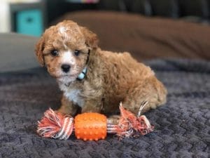 TEACUP GOLDENDOODLE PUPPIES, Precious Doodle Dogs, Teacup Doodle Dogs, Goldendoodle, Doodle Dog, Golden Doodles, A Star is Born, A star is born goldendoodle, a star is born dog, Bradley Cooper's Dog, Teacup Golden Doodles AL, Teacup Golden Doodles AK, Teacup Golden Doodles AZ, Teacup Golden Doodles AR, Teacup Golden Doodles CA, Teacup Golden Doodles CO, Teacup Golden Doodles CT, Teacup Golden Doodles DE, Teacup Golden Doodles FL, Teacup Golden Doodles GA, Teacup Golden Doodles HI, Teacup Golden Doodles ID, Teacup Golden Doodles IL, Teacup Golden Doodles IN, Teacup Golden Doodles IA, Teacup Golden Doodles KS, Teacup Golden Doodles KY, Teacup Golden Doodles LA, Teacup Golden Doodles ME, Teacup Golden Doodles MD, Teacup Golden Doodles MA, Teacup Golden Doodles MI, Teacup Golden Doodles MN, Teacup Golden Doodles MS, Teacup Golden Doodles MO, Teacup Golden Doodles MT, Teacup Golden Doodles NE, Teacup Golden Doodles NV, Teacup Golden Doodles NH, Teacup Golden Doodles NJ, Teacup Golden Doodles NM, Teacup Golden Doodles NY, Teacup Golden Doodles NC, Teacup Golden Doodles ND, Teacup Golden Doodles OH, Teacup Golden Doodles OK, Teacup Golden Doodles OR, Teacup Golden Doodles PA, Teacup Golden Doodles RI, Teacup Golden Doodles SC, Teacup Golden Doodles SD, Teacup Golden Doodles TN, Teacup Golden Doodles TX, Teacup Golden Doodles UT, Teacup Golden Doodles VT, Teacup Golden Doodles VA, Teacup Golden Doodles WA, Teacup Golden Doodles WV, Teacup Golden Doodles WI, Teacup Golden Doodles WY, Bradley Cooper's Goldendoodle, Goldendoodle for sale, Goldendoodle puppies for sale, Miniature goldendoodle, goldendoodle puppies, mini goldendoodle, mini puppies, mini goldendoodle size, f1 goldendoodle, golden retriever poodle, chocolate goldendoodle, small doodles, goldendoodle temperament, goldendoodle colors, goldendoodle price, white goldendoodle, f2 goldendoodle, mini goldendoodle price, mini goldendoodle full grown, f1 mini goldendoodle, f1b goldendoodle, parti goldendoodle, goldendoodles near me, english goldendoodle, australian goldendoodle, red goldendoodle, doodle breeds, brown goldendoodle, goldendoodle cost, adult mini goldendoodle, golden noodle dog, doodle dog breeds, miniature golden doodle, miniature puppies, golden retriever poodle mix, arizona goldendoodles, goldendoodle training, goldendoodle size, how big do mini goldendoodles get, goldendoodle full grown, baby goldendoodle, goldendoodle houston, golden doodles for sale, adult goldendoodle, apricot goldendoodle, goldendoodle grooming, mini golden doodles, goldendoodle shedding, f2b goldendoodle, goldendoodle hypoallergenic, goldendoodle names, english cream goldendoodle, golden retriever and poodle mix, mini goldendoodle puppies, micro goldendoodle, mini goldendoodle puppies for sale, miniature goldendoodle for sale, goldendoodle puppies for adoption, teddy bear goldendoodle, mini goldendoodle rescue, medium goldendoodle, black goldendoodle, mini goldendoodle for sale near me, goldendoodle puppies for sale near me, mini doodle, doodle puppies, mini goldendoodle for sale, goldendoodle breeders near me, miniature goldendoodle for sale near me, toy goldendoodle, petite goldendoodle, golden doodle dog, miniature goldendoodle puppies, mini goldendoodle puppies for sale near me, goldendoodles for sale near me, mini goldedoodle breeders, goldendoodle adoption, f1b mini goldendoodle, small goldendoodle, teacup goldendoodle, goldendoodle puppies near me, goldendoodle breeders, how to groom a goldendoodle, great doodle puppies, golden doodle mix, goldendoodle tampa, goldendoodle facts, white doodle dog, white goldendoodle puppy, mini goldendoodle maryland, country mini doodles, goldendoodle los angeles, toy labradoodle puppies for sale, types of goldendoodles, mini golden retriever puppies, golden goldendoodle, mini golden retriever puppies for sale, miniature australian goldendoodle, goldendoodle sacramento, goldendoodle omaha, labradoodle goldendoodle, f1 medium goldendoodle, BEST goldendoodles, pictures of mini goldendoodles, teacup goldendoodle full grown, micro mini goldendoodle full grown, toy goldendoodle price, goldendoodle chicago, retriever doodle, teacup goldendoodle puppies for sale, cute goldendoodle, mini teddy bear puppies, miniature goldendoodle full grown, f2 mini goldendoodle, goldendoodle spokane, mini goldendoodle chicago, micro mini goldendoodle, how nbig do miniature goldendoodles get, brown mini goldendoodle, mini doodle breeds, poodle doodle dog, what is a mini goldendoodle, black mini goldendoodle, mini irish doodle puppies for sale, f1b goldendoodle size, toy golden doodles, chocolate brown goldendoodle puppies for sale, petite goldendoodle full grown, goldendoodle behavior, american goldendoodle, f1b medium goldendoodle, goldendoodle puppy cost, cute goldendoodle puppies, goldendoodle indianapolis, teddy goldendoodle, mini goldendoodle weight, teddy bear golden doodles, f1b goldendoodle puppies for sale, miniature goldendoodle size, chocolate goldendoodle puppy, english cream mini goldendoodle, doodle puppies near me, red miniature goldendoodle, cream goldendoodle, goldendoodle puppy cut, mini goldendoodle hypoallergenic, dog breed goldendoodle, goldendoodle poodle mixes, goldendoodle allergies, goldendoodle info, sandy ridge goldendoodles, lakeshore goldendoodles, toy goldendoodle puppies for sale, labradoodle and goldendoodle, goldendoodle las vegas, goldendoodle phoenix, doodle breeders near me, miniature goldendoodle weight, black and white goldendoodle, sarasota goldendoodles, mini goldendoodle dallas, a goldendoodle, what is a goldendoodle, goldendoodle dallas, mini golden doodles for sale, ginger doodle puppy, how much does a mini goldendoodle cost, goldendoodle san antonio, goldendoodle photos, goldendoodle cuts, chocolate mini goldendoodle, all about goldendoodles, goldendoodle cincinnati, black doodle dog, goldendoodle weight, miniature goldendoodle breeders, goldendoodle information, miniature goldendoodle puppies for sale, doodle puppies for sale near me, black labradoodle puppies for sale, goldendoodle seattle, golden doodles near me, teacup goldendoodle for sale, golden retriever poodle puppy, goldendoodle rochester ny, goldendoodle and poodle mix, akc goldendoodle, goldendoodle kansas city, mini goldendoodle facts, goldendoodle austin, goldendoodle doodle, goldendoodle tulsa, curly goldendoodle, brown goldendoodle puppies, f1b labradoodle puppies for sale, red mini goldendoodle, goldendoodle poodle, chocolate goldendoodle for sale, tiny goldendoodle, goldendoodle puppies breeders, english goldendoodle puppies for sale, mini golden labradoodle, f1b mini teddy bear goldendoodles, red goldendoodle puppies for sale, miniature golden retriever breeders, f1 goldendoodles for sale, teacup goldendoodle puppies, toy mini goldendoodle, xs petite goldendoodle, f2 goldendoodle puppies for sale, mini goldendoodle cost, black goldendoodle for sale, english teddy bear goldendoodle, small doodle dogs, goldendoodle nashville, english goldendoodle puppies, golden retriever poodle mix for sale, red goldendoodle puppy, parti goldendoodles for sale, english cream goldendoodles for sale, doodle puppies for sale, golden retriever poodle mix puppies, goldendoodle tucson, f1b mini goldendoodle puppies for sale, mini goldendoodle breeders northeast, teddy bear goldendoodle, toy goldendoodle rescue, petite mini goldendoodle, goldendoodle stuff, mini goldendoodles near me, teddy bear goldendoodle puppies, f1 goldendoodle puppies, teddy bear goldendoodles for sale, silver goldendoodle, buy goldendoodle, mini golden doodle dog, teddy bear goldendoodles mini, micro mini goldendoodle puppies for sale, goldendoodle dogs for sale, best goldendoodle breeders, chocolate goldendoodle puppies for sale, doodle dogs for sale, toy goldendoodle puppies, mini doodle dog, toy goldendoodle breeders, doodles for sale, goldendoodle hypoallergenic dog, mini goldendoodle breeders near me, english goldendoodle breeders, f1b mini goldendoodle for sale, teacup goldendoodle price, petite goldendoodle for sale, mini english goldendoodle, mini goldendoodle info, miniature goldendoodle puppies for sale near me, black goldendoodle puppies for sale, f1 goldendoodle puppies for sale, Teacup Goldendoodles AL, Teacup Goldendoodles AK, Teacup Goldendoodles AZ, Teacup Goldendoodles AR, Teacup Goldendoodles CA, Teacup Goldendoodles CO, Teacup Goldendoodles CT, Teacup Goldendoodles DE, Teacup Goldendoodles FL, Teacup Goldendoodles GA, Teacup Goldendoodles HI, Teacup Goldendoodles ID, Teacup Goldendoodles IL, Teacup Goldendoodles IN, Teacup Goldendoodles IA, Teacup Goldendoodles KS, Teacup Goldendoodles KY, Teacup Goldendoodles LA, Teacup Goldendoodles ME, Teacup Goldendoodles MD, Teacup Goldendoodles MA, Teacup Goldendoodles MI, Teacup Goldendoodles MN, Teacup Goldendoodles MS, Teacup Goldendoodles MO, Teacup Goldendoodles MT, Teacup Goldendoodles NE, Teacup Goldendoodles NV, Teacup Goldendoodles NH, Teacup Goldendoodles NJ, Teacup Goldendoodles NM, Teacup Goldendoodles NY, Teacup Goldendoodles NC, Teacup Goldendoodles ND, Teacup Goldendoodles OH, Teacup Goldendoodles OK, Teacup Goldendoodles OR, Teacup Goldendoodles PA, Teacup Goldendoodles RI, Teacup Goldendoodles SC, Teacup Goldendoodles SD, Teacup Goldendoodles TN, Teacup Goldendoodles TX, Teacup Goldendoodles UT, Teacup Goldendoodles VT, Teacup Goldendoodles VA, Teacup Goldendoodles WA, Teacup Goldendoodles WV, Teacup Goldendoodles WI, Teacup Goldendoodles WY, Toy Goldendoodle Alabama, Toy Goldendoodle Alaska, Toy Goldendoodle Arizona, Toy Goldendoodle Arkansas, Toy Goldendoodle California, Toy Goldendoodle Colorado, Toy Goldendoodle Connecticut, Toy Goldendoodle Delaware, Toy Goldendoodle Florida, Toy Goldendoodle Georgia, Toy Goldendoodle Hawaii, Toy Goldendoodle Idaho, Toy Goldendoodle Illinois, Toy Goldendoodle Indiana, Toy Goldendoodle Iowa, Toy Goldendoodle Kansas, Toy Goldendoodle Kentucky, Toy Goldendoodle Louisiana, Toy Goldendoodle Maine, Toy Goldendoodle Maryland, Toy Goldendoodle Massachusetts, Toy Goldendoodle Michigan, Toy Goldendoodle Minnesota, Toy Goldendoodle Mississippi, Toy Goldendoodle Missouri, Toy Goldendoodle Montana, Toy Goldendoodle Nebraska, Toy Goldendoodle Nevada, Toy Goldendoodle New Hampshire, Toy Goldendoodle New Jersey, Toy Goldendoodle New Mexico, Toy Goldendoodle New York, Toy Goldendoodle North Carolina, Toy Goldendoodle North Dakota, Toy Goldendoodle Ohio, Toy Goldendoodle Oklahoma, Toy Goldendoodle Oregon, Toy Goldendoodle Pennsylvania, Toy Goldendoodle Rhode Island, Toy Goldendoodle South Carolina, Toy Goldendoodle South Dakota, Toy Goldendoodle Tennessee, Toy Goldendoodle Texas, Toy Goldendoodle Utah, Toy Goldendoodle Vermont, Toy Goldendoodle Virginia, Toy Goldendoodle Washington, Toy Goldendoodle West Virginia, Toy Goldendoodle Wisconsin, Toy Goldendoodle Wyoming, Mini Goldendoodle breeders AL, Mini Goldendoodle breeders AK, Mini Goldendoodle breeders AZ, Mini Goldendoodle breeders AR, Mini Goldendoodle breeders CA, Mini Goldendoodle breeders CO, Mini Goldendoodle breeders CT, Mini Goldendoodle breeders DE, Mini Goldendoodle breeders FL, Mini Goldendoodle breeders GA, Mini Goldendoodle breeders HI, Mini Goldendoodle breeders ID, Mini Goldendoodle breeders IL, Mini Goldendoodle breeders IN, Mini Goldendoodle breeders IA, Mini Goldendoodle breeders KS, Mini Goldendoodle breeders KY, Mini Goldendoodle breeders LA, Mini Goldendoodle breeders ME, Mini Goldendoodle breeders MD, Mini Goldendoodle breeders MA, Mini Goldendoodle breeders MI, Mini Goldendoodle breeders MN, Mini Goldendoodle breeders MS, Mini Goldendoodle breeders MO, Mini Goldendoodle breeders MT, Mini Goldendoodle breeders NE, Mini Goldendoodle breeders NV, Mini Goldendoodle breeders NH, Mini Goldendoodle breeders NJ, Mini Goldendoodle breeders NM, Mini Goldendoodle breeders NY, Mini Goldendoodle breeders NC, Mini Goldendoodle breeders ND, Mini Goldendoodle breeders OH, Mini Goldendoodle breeders OK, Mini Goldendoodle breeders OR, Mini Goldendoodle breeders PA, Mini Goldendoodle breeders RI, Mini Goldendoodle breeders SC, Mini Goldendoodle breeders SD, Mini Goldendoodle breeders TN, Mini Goldendoodle breeders TX, Mini Goldendoodle breeders UT, Mini Goldendoodle breeders VT, Mini Goldendoodle breeders VA, Mini Goldendoodle breeders WA, Mini Goldendoodle breeders WV, Mini Goldendoodle breeders WI, Mini Goldendoodle breeders WY, Mini Goldendoodle puppies for sale in AL, Mini Goldendoodle puppies for sale in AK, Mini Goldendoodle puppies for sale in AZ, Mini Goldendoodle puppies for sale in AR, Mini Goldendoodle puppies for sale in CA, Mini Goldendoodle puppies for sale in CO, Mini Goldendoodle puppies for sale in CT, Mini Goldendoodle puppies for sale in DE, Mini Goldendoodle puppies for sale in FL, Mini Goldendoodle puppies for sale in GA, Mini Goldendoodle puppies for sale in HI, Mini Goldendoodle puppies for sale in ID, Mini Goldendoodle puppies for sale in IL, Mini Goldendoodle puppies for sale in IN, Mini Goldendoodle puppies for sale in IA, Mini Goldendoodle puppies for sale in KS, Mini Goldendoodle puppies for sale in KY, Mini Goldendoodle puppies for sale in LA, Mini Goldendoodle puppies for sale in ME, Mini Goldendoodle puppies for sale in MD, Mini Goldendoodle puppies for sale in MA, Mini Goldendoodle puppies for sale in MI, Mini Goldendoodle puppies for sale in MN, Mini Goldendoodle puppies for sale in MS, Mini Goldendoodle puppies for sale in MO, Mini Goldendoodle puppies for sale in MT, Mini Goldendoodle puppies for sale in NE, Mini Goldendoodle puppies for sale in NV, Mini Goldendoodle puppies for sale in NH, Mini Goldendoodle puppies for sale in NJ, Mini Goldendoodle puppies for sale in NM, Mini Goldendoodle puppies for sale in NY, Mini Goldendoodle puppies for sale in NC, Mini Goldendoodle puppies for sale in ND, Mini Goldendoodle puppies for sale in OH, Mini Goldendoodle puppies for sale in OK, Mini Goldendoodle puppies for sale in OR, Mini Goldendoodle puppies for sale in PA, Mini Goldendoodle puppies for sale in RI, Mini Goldendoodle puppies for sale in SC, Mini Goldendoodle puppies for sale in SD, Mini Goldendoodle puppies for sale in TN, Mini Goldendoodle puppies for sale in TX, Mini Goldendoodle puppies for sale in UT, Mini Goldendoodle puppies for sale in VT, Mini Goldendoodle puppies for sale in VA, Mini Goldendoodle puppies for sale in WA, Mini Goldendoodle puppies for sale in WV, Mini Goldendoodle puppies for sale in WI, Mini Goldendoodle puppies for sale in WY, Miniature Goldendoodles for sale in AL, Miniature Goldendoodles for sale in AK, Miniature Goldendoodles for sale in AZ, Miniature Goldendoodles for sale in AR, Miniature Goldendoodles for sale in CA, Miniature Goldendoodles for sale in CO, Miniature Goldendoodles for sale in CT, Miniature Goldendoodles for sale in DE, Miniature Goldendoodles for sale in FL, Miniature Goldendoodles for sale in GA, Miniature Goldendoodles for sale in HI, Miniature Goldendoodles for sale in ID, Miniature Goldendoodles for sale in IL, Miniature Goldendoodles for sale in IN, Miniature Goldendoodles for sale in IA, Miniature Goldendoodles for sale in KS, Miniature Goldendoodles for sale in KY, Miniature Goldendoodles for sale in LA, Miniature Goldendoodles for sale in ME, Miniature Goldendoodles for sale in MD, Miniature Goldendoodles for sale in MA, Miniature Goldendoodles for sale in MI, Miniature Goldendoodles for sale in MN, Miniature Goldendoodles for sale in MS, Miniature Goldendoodles for sale in MO, Miniature Goldendoodles for sale in MT, Miniature Goldendoodles for sale in NE, Miniature Goldendoodles for sale in NV, Miniature Goldendoodles for sale in NH, Miniature Goldendoodles for sale in NJ, Miniature Goldendoodles for sale in NM, Miniature Goldendoodles for sale in NY, Miniature Goldendoodles for sale in NC, Miniature Goldendoodles for sale in ND, Miniature Goldendoodles for sale in OH, Miniature Goldendoodles for sale in OK, Miniature Goldendoodles for sale in OR, Miniature Goldendoodles for sale in PA, Miniature Goldendoodles for sale in RI, Miniature Goldendoodles for sale in SC, Miniature Goldendoodles for sale in SD, Miniature Goldendoodles for sale in TN, Miniature Goldendoodles for sale in TX, Miniature Goldendoodles for sale in UT, Miniature Goldendoodles for sale in VT, Miniature Goldendoodles for sale in VA, Miniature Goldendoodles for sale in WA, Miniature Goldendoodles for sale in WV, Miniature Goldendoodles for sale in WI, Miniature Goldendoodles for sale in WY, Miniature Goldendoodle Alabama, Miniature Goldendoodle Alaska, Miniature Goldendoodle Arizona, Miniature Goldendoodle Arkansas, Miniature Goldendoodle California, Miniature Goldendoodle Colorado, Miniature Goldendoodle Connecticut, Miniature Goldendoodle Delaware, Miniature Goldendoodle Florida, Miniature Goldendoodle Georgia, Miniature Goldendoodle Hawaii, Miniature Goldendoodle Idaho, Miniature Goldendoodle Illinois, Miniature Goldendoodle Indiana, Miniature Goldendoodle Iowa, Miniature Goldendoodle Kansas, Miniature Goldendoodle Kentucky, Miniature Goldendoodle Louisiana, Miniature Goldendoodle Maine, Miniature Goldendoodle Maryland, Miniature Goldendoodle Massachusetts, Miniature Goldendoodle Michigan, Miniature Goldendoodle Minnesota, Miniature Goldendoodle Mississippi, Miniature Goldendoodle Missouri, Miniature Goldendoodle Montana, Miniature Goldendoodle Nebraska, Miniature Goldendoodle Nevada, Miniature Goldendoodle New Hampshire, Miniature Goldendoodle New Jersey, Miniature Goldendoodle New Mexico, Miniature Goldendoodle New York, Miniature Goldendoodle North Carolina, Miniature Goldendoodle North Dakota, Miniature Goldendoodle Ohio, Miniature Goldendoodle Oklahoma, Miniature Goldendoodle Oregon, Miniature Goldendoodle Pennsylvania, Miniature Goldendoodle Rhode Island, Miniature Goldendoodle South Carolina, Miniature Goldendoodle South Dakota, Miniature Goldendoodle Tennessee, Miniature Goldendoodle Texas, Miniature Goldendoodle Utah, Miniature Goldendoodle Vermont, Miniature Goldendoodle Virginia, Miniature Goldendoodle Washington, Miniature Goldendoodle West Virginia, Miniature Goldendoodle Wisconsin, Miniature Goldendoodle Wyoming, Goldendoodle Breeders AL, Goldendoodle Breeders AK, Goldendoodle Breeders AZ, Goldendoodle Breeders AR, Goldendoodle Breeders CA, Goldendoodle Breeders CO, Goldendoodle Breeders CT, Goldendoodle Breeders DE, Goldendoodle Breeders FL, Goldendoodle Breeders GA, Goldendoodle Breeders HI, Goldendoodle Breeders ID, Goldendoodle Breeders IL, Goldendoodle Breeders IN, Goldendoodle Breeders IA, Goldendoodle Breeders KS, Goldendoodle Breeders KY, Goldendoodle Breeders LA, Goldendoodle Breeders ME, Goldendoodle Breeders MD, Goldendoodle Breeders MA, Goldendoodle Breeders MI, Goldendoodle Breeders MN, Goldendoodle Breeders MS, Goldendoodle Breeders MO, Goldendoodle Breeders MT, Goldendoodle Breeders NE, Goldendoodle Breeders NV, Goldendoodle Breeders NH, Goldendoodle Breeders NJ, Goldendoodle Breeders NM, Goldendoodle Breeders NY, Goldendoodle Breeders NC, Goldendoodle Breeders ND, Goldendoodle Breeders OH, Goldendoodle Breeders OK, Goldendoodle Breeders OR, Goldendoodle Breeders PA, Goldendoodle Breeders RI, Goldendoodle Breeders SC, Goldendoodle Breeders SD, Goldendoodle Breeders TN, Goldendoodle Breeders TX, Goldendoodle Breeders UT, Goldendoodle Breeders VT, Goldendoodle Breeders VA, Goldendoodle Breeders WA, Goldendoodle Breeders WV, Goldendoodle Breeders WI, Goldendoodle Breeders WY, Goldendoodles for sale in AL, Goldendoodles for sale in AK, Goldendoodles for sale in AZ, Goldendoodles for sale in AR, Goldendoodles for sale in CA, Goldendoodles for sale in CO, Goldendoodles for sale in CT, Goldendoodles for sale in DE, Goldendoodles for sale in FL, Goldendoodles for sale in GA, Goldendoodles for sale in HI, Goldendoodles for sale in ID, Goldendoodles for sale in IL, Goldendoodles for sale in IN, Goldendoodles for sale in IA, Goldendoodles for sale in KS, Goldendoodles for sale in KY, Goldendoodles for sale in LA, Goldendoodles for sale in ME, Goldendoodles for sale in MD, Goldendoodles for sale in MA, Goldendoodles for sale in MI, Goldendoodles for sale in MN, Goldendoodles for sale in MS, Goldendoodles for sale in MO, Goldendoodles for sale in MT, Goldendoodles for sale in NE, Goldendoodles for sale in NV, Goldendoodles for sale in NH, Goldendoodles for sale in NJ, Goldendoodles for sale in NM, Goldendoodles for sale in NY, Goldendoodles for sale in NC, Goldendoodles for sale in ND, Goldendoodles for sale in OH, Goldendoodles for sale in OK, Goldendoodles for sale in OR, Goldendoodles for sale in PA, Goldendoodles for sale in RI, Goldendoodles for sale in SC, Goldendoodles for sale in SD, Goldendoodles for sale in TN, Goldendoodles for sale in TX, Goldendoodles for sale in UT, Goldendoodles for sale in VT, Goldendoodles for sale in VA, Goldendoodles for sale in WA, Goldendoodles for sale in WV, Goldendoodles for sale in WI, Goldendoodles for sale in WY,