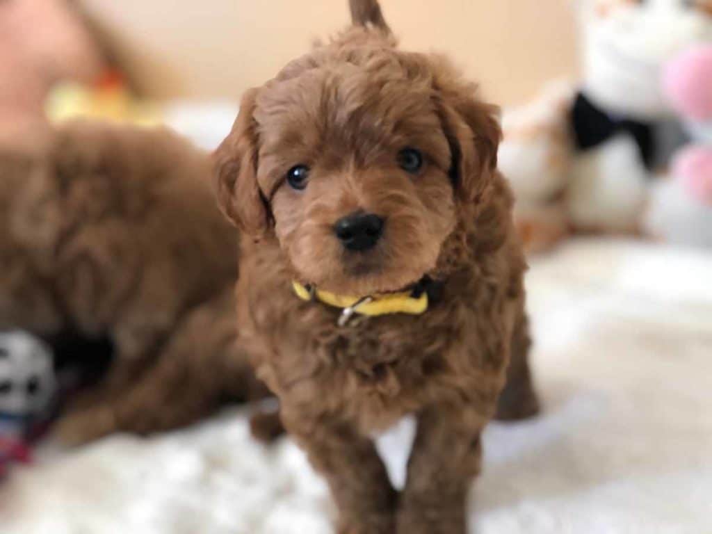 TEACUP GOLDENDOODLE PUPPIES, Precious Doodle Dogs, Teacup Doodle Dogs, Goldendoodle, Doodle Dog, Golden Doodle, Golden Doodle puppies, Golden Doodle Dogs, Puppy Golden Doodles, Puppy Goldendoodles, Golden Doodles, A Star is Born, A star is born goldendoodle, a star is born dog, Bradley Cooper's Dog, Bradley Cooper Dog, Bradley Cooper's Goldendoodle, Teddy Bear Goldendoodle, Teddy Bear Dog, Goldendoodle for sale, Goldendoodle puppies for sale, Miniature goldendoodle, goldendoodle puppies, mini goldendoodle, mini puppies, mini goldendoodle size, f1 goldendoodle, golden retriever poodle, chocolate goldendoodle, small doodles, goldendoodle temperament, goldendoodle colors, goldendoodle price, white goldendoodle, f2 goldendoodle, mini goldendoodle price, mini goldendoodle full grown, f1 mini goldendoodle, f1b goldendoodle, parti goldendoodle, goldendoodles near me, english goldendoodle, australian goldendoodle, red goldendoodle, doodle breeds, brown goldendoodle, goldendoodle cost, Precious Goldendoodle, Precious Golden Doodle, Precious Teacup Goldendoodle, adult mini goldendoodle, golden noodle dog, doodle dog breeds, miniature golden doodle, miniature puppies, golden retriever poodle mix, arizona goldendoodles, goldendoodle training, goldendoodle size, how big do mini goldendoodles get, goldendoodle full grown, baby goldendoodle, goldendoodle houston, golden doodles for sale, adult goldendoodle, apricot goldendoodle, goldendoodle grooming, mini golden doodles, goldendoodle shedding, f2b goldendoodle, goldendoodle hypoallergenic, goldendoodle names, english cream goldendoodle, golden retriever and poodle mix, mini goldendoodle puppies, micro goldendoodle, mini goldendoodle puppies for sale, miniature goldendoodle for sale, goldendoodle puppies for adoption, teddy bear goldendoodle, mini goldendoodle rescue, medium goldendoodle, black goldendoodle, mini goldendoodle for sale near me, goldendoodle puppies for sale near me, mini doodle, doodle puppies, mini goldendoodle for sale, goldendoodle breeders near me, miniature goldendoodle for sale near me, toy goldendoodle, petite goldendoodle, golden doodle dog, miniature goldendoodle puppies, mini goldendoodle puppies for sale near me, goldendoodles for sale near me, mini goldedoodle breeders, goldendoodle adoption, f1b mini goldendoodle, small goldendoodle, teacup goldendoodle, goldendoodle puppies near me, goldendoodle breeders, how to groom a goldendoodle, great doodle puppies, golden doodle mix, goldendoodle tampa, goldendoodle facts, white doodle dog, white goldendoodle puppy, mini goldendoodle maryland, country mini doodles, goldendoodle los angeles, toy labradoodle puppies for sale, types of goldendoodles, mini golden retriever puppies, golden goldendoodle, mini golden retriever puppies for sale, miniature australian goldendoodle, goldendoodle sacramento, goldendoodle omaha, labradoodle goldendoodle, f1 medium goldendoodle, BEST goldendoodles, pictures of mini goldendoodles, teacup goldendoodle full grown, micro mini goldendoodle full grown, toy goldendoodle price, goldendoodle chicago, retriever doodle, teacup goldendoodle puppies for sale, cute goldendoodle, mini teddy bear puppies, miniature goldendoodle full grown, f2 mini goldendoodle, goldendoodle spokane, mini goldendoodle chicago, micro mini goldendoodle, how nbig do miniature goldendoodles get, brown mini goldendoodle, mini doodle breeds, poodle doodle dog, what is a mini goldendoodle, black mini goldendoodle, mini irish doodle puppies for sale, f1b goldendoodle size, toy golden doodles, chocolate brown goldendoodle puppies for sale, petite goldendoodle full grown, goldendoodle behavior, american goldendoodle, f1b medium goldendoodle, goldendoodle puppy cost, cute goldendoodle puppies, goldendoodle indianapolis, teddy goldendoodle, mini goldendoodle weight, teddy bear golden doodles, f1b goldendoodle puppies for sale, miniature goldendoodle size, chocolate goldendoodle puppy, english cream mini goldendoodle, doodle puppies near me, red miniature goldendoodle, cream goldendoodle, goldendoodle puppy cut, mini goldendoodle hypoallergenic, dog breed goldendoodle, goldendoodle poodle mixes, goldendoodle allergies, goldendoodle info, sandy ridge goldendoodles, lakeshore goldendoodles, toy goldendoodle puppies for sale, labradoodle and goldendoodle, goldendoodle las vegas, goldendoodle phoenix, doodle breeders near me, miniature goldendoodle weight, black and white goldendoodle, sarasota goldendoodles, mini goldendoodle dallas, a goldendoodle, what is a goldendoodle, goldendoodle dallas, mini golden doodles for sale, ginger doodle puppy, how much does a mini goldendoodle cost, goldendoodle san antonio, goldendoodle photos, goldendoodle cuts, chocolate mini goldendoodle, all about goldendoodles, goldendoodle cincinnati, black doodle dog, goldendoodle weight, miniature goldendoodle breeders, goldendoodle information, miniature goldendoodle puppies for sale, doodle puppies for sale near me, black labradoodle puppies for sale, goldendoodle seattle, golden doodles near me, teacup goldendoodle for sale, golden retriever poodle puppy, goldendoodle rochester ny, goldendoodle and poodle mix, akc goldendoodle, goldendoodle kansas city, mini goldendoodle facts, goldendoodle austin, goldendoodle doodle, goldendoodle tulsa, curly goldendoodle, brown goldendoodle puppies, f1b labradoodle puppies for sale, red mini goldendoodle, goldendoodle poodle, chocolate goldendoodle for sale, tiny goldendoodle, goldendoodle puppies breeders, english goldendoodle puppies for sale, mini golden labradoodle, f1b mini teddy bear goldendoodles, red goldendoodle puppies for sale, miniature golden retriever breeders, f1 goldendoodles for sale, teacup goldendoodle puppies, toy mini goldendoodle, xs petite goldendoodle, f2 goldendoodle puppies for sale, mini goldendoodle cost, black goldendoodle for sale, english teddy bear goldendoodle, small doodle dogs, goldendoodle nashville, english goldendoodle puppies, golden retriever poodle mix for sale, red goldendoodle puppy, parti goldendoodles for sale, english cream goldendoodles for sale, doodle puppies for sale, golden retriever poodle mix puppies, goldendoodle tucson, f1b mini goldendoodle puppies for sale, mini goldendoodle breeders northeast, teddy bear goldendoodle, toy goldendoodle rescue, petite mini goldendoodle, goldendoodle stuff, mini goldendoodles near me, teddy bear goldendoodle puppies, f1 goldendoodle puppies, teddy bear goldendoodles for sale, silver goldendoodle, buy goldendoodle, mini golden doodle dog, teddy bear goldendoodles mini, micro mini goldendoodle puppies for sale, goldendoodle dogs for sale, best goldendoodle breeders, chocolate goldendoodle puppies for sale, doodle dogs for sale, toy goldendoodle puppies, mini doodle dog, toy goldendoodle breeders, doodles for sale, goldendoodle hypoallergenic dog, mini goldendoodle breeders near me, english goldendoodle breeders, f1b mini goldendoodle for sale, teacup goldendoodle price, petite goldendoodle for sale, mini english goldendoodle, mini goldendoodle info, miniature goldendoodle puppies for sale near me, black goldendoodle puppies for sale, f1 goldendoodle puppies for sale, Teacup Goldendoodles AL, Teacup Goldendoodles AK, Teacup Goldendoodles AZ, Teacup Goldendoodles AR, Teacup Goldendoodles CA, Teacup Goldendoodles CO, Teacup Goldendoodles CT, Teacup Goldendoodles DE, Teacup Goldendoodles FL, Teacup Goldendoodles GA, Teacup Goldendoodles HI, Teacup Goldendoodles ID, Teacup Goldendoodles IL, Teacup Goldendoodles IN, Teacup Goldendoodles IA, Teacup Goldendoodles KS, Teacup Goldendoodles KY, Teacup Goldendoodles LA, Teacup Goldendoodles ME, Teacup Goldendoodles MD, Teacup Goldendoodles MA, Teacup Goldendoodles MI, Teacup Goldendoodles MN, Teacup Goldendoodles MS, Teacup Goldendoodles MO, Teacup Goldendoodles MT, Teacup Goldendoodles NE, Teacup Goldendoodles NV, Teacup Goldendoodles NH, Teacup Goldendoodles NJ, Teacup Goldendoodles NM, Teacup Goldendoodles NY, Teacup Goldendoodles NC, Teacup Goldendoodles ND, Teacup Goldendoodles OH, Teacup Goldendoodles OK, Teacup Goldendoodles OR, Teacup Goldendoodles PA, Teacup Goldendoodles RI, Teacup Goldendoodles SC, Teacup Goldendoodles SD, Teacup Goldendoodles TN, Teacup Goldendoodles TX, Teacup Goldendoodles UT, Teacup Goldendoodles VT, Teacup Goldendoodles VA, Teacup Goldendoodles WA, Teacup Goldendoodles WV, Teacup Goldendoodles WI, Teacup Goldendoodles WY, Teacup Golden Doodles AL, Teacup Golden Doodles AK, Teacup Golden Doodles AZ, Teacup Golden Doodles AR, Teacup Golden Doodles CA, Teacup Golden Doodles CO, Teacup Golden Doodles CT, Teacup Golden Doodles DE, Teacup Golden Doodles FL, Teacup Golden Doodles GA, Teacup Golden Doodles HI, Teacup Golden Doodles ID, Teacup Golden Doodles IL, Teacup Golden Doodles IN, Teacup Golden Doodles IA, Teacup Golden Doodles KS, Teacup Golden Doodles KY, Teacup Golden Doodles LA, Teacup Golden Doodles ME, Teacup Golden Doodles MD, Teacup Golden Doodles MA, Teacup Golden Doodles MI, Teacup Golden Doodles MN, Teacup Golden Doodles MS, Teacup Golden Doodles MO, Teacup Golden Doodles MT, Teacup Golden Doodles NE, Teacup Golden Doodles NV, Teacup Golden Doodles NH, Teacup Golden Doodles NJ, Teacup Golden Doodles NM, Teacup Golden Doodles NY, Teacup Golden Doodles NC, Teacup Golden Doodles ND, Teacup Golden Doodles OH, Teacup Golden Doodles OK, Teacup Golden Doodles OR, Teacup Golden Doodles PA, Teacup Golden Doodles RI, Teacup Golden Doodles SC, Teacup Golden Doodles SD, Teacup Golden Doodles TN, Teacup Golden Doodles TX, Teacup Golden Doodles UT, Teacup Golden Doodles VT, Teacup Golden Doodles VA, Teacup Golden Doodles WA, Teacup Golden Doodles WV, Teacup Golden Doodles WI, Teacup Golden Doodles WY, Toy Goldendoodle Alabama, Toy Goldendoodle Alaska, Toy Goldendoodle Arizona, Toy Goldendoodle Arkansas, Toy Goldendoodle California, Toy Goldendoodle Colorado, Toy Goldendoodle Connecticut, Toy Goldendoodle Delaware, Toy Goldendoodle Florida, Toy Goldendoodle Georgia, Toy Goldendoodle Hawaii, Toy Goldendoodle Idaho, Toy Goldendoodle Illinois, Toy Goldendoodle Indiana, Toy Goldendoodle Iowa, Toy Goldendoodle Kansas, Toy Goldendoodle Kentucky, Toy Goldendoodle Louisiana, Toy Goldendoodle Maine, Toy Goldendoodle Maryland, Toy Goldendoodle Massachusetts, Toy Goldendoodle Michigan, Toy Goldendoodle Minnesota, Toy Goldendoodle Mississippi, Toy Goldendoodle Missouri, Toy Goldendoodle Montana, Toy Goldendoodle Nebraska, Toy Goldendoodle Nevada, Toy Goldendoodle New Hampshire, Toy Goldendoodle New Jersey, Toy Goldendoodle New Mexico, Toy Goldendoodle New York, Toy Goldendoodle North Carolina, Toy Goldendoodle North Dakota, Toy Goldendoodle Ohio, Toy Goldendoodle Oklahoma, Toy Goldendoodle Oregon, Toy Goldendoodle Pennsylvania, Toy Goldendoodle Rhode Island, Toy Goldendoodle South Carolina, Toy Goldendoodle South Dakota, Toy Goldendoodle Tennessee, Toy Goldendoodle Texas, Toy Goldendoodle Utah, Toy Goldendoodle Vermont, Toy Goldendoodle Virginia, Toy Goldendoodle Washington, Toy Goldendoodle West Virginia, Toy Goldendoodle Wisconsin, Toy Goldendoodle Wyoming, Golden Doodle Breeders AL, Golden Doodle Breeders AK, Golden Doodle Breeders AZ, Golden Doodle Breeders AR, Golden Doodle Breeders CA, Golden Doodle Breeders CO, Golden Doodle Breeders CT, Golden Doodle Breeders DE, Golden Doodle Breeders FL, Golden Doodle Breeders GA, Golden Doodle Breeders HI, Golden Doodle Breeders ID, Golden Doodle Breeders IL, Golden Doodle Breeders IN, Golden Doodle Breeders IA, Golden Doodle Breeders KS, Golden Doodle Breeders KY, Golden Doodle Breeders LA, Golden Doodle Breeders ME, Golden Doodle Breeders MD, Golden Doodle Breeders MA, Golden Doodle Breeders MI, Golden Doodle Breeders MN, Golden Doodle Breeders MS, Golden Doodle Breeders MO, Golden Doodle Breeders MT, Golden Doodle Breeders NE, Golden Doodle Breeders NV, Golden Doodle Breeders NH, Golden Doodle Breeders NJ, Golden Doodle Breeders NM, Golden Doodle Breeders NY, Golden Doodle Breeders NC, Golden Doodle Breeders ND, Golden Doodle Breeders OH, Golden Doodle Breeders OK, Golden Doodle Breeders OR, Golden Doodle Breeders PA, Golden Doodle Breeders RI, Golden Doodle Breeders SC, Golden Doodle Breeders SD, Golden Doodle Breeders TN, Golden Doodle Breeders TX, Golden Doodle Breeders UT, Golden Doodle Breeders VT, Golden Doodle Breeders VA, Golden Doodle Breeders WA, Golden Doodle Breeders WV, Golden Doodle Breeders WI, Golden Doodle Breeders WY, Golden Doodles for sale in AL, Golden Doodles for sale in AK, Golden Doodles for sale in AZ, Golden Doodles for sale in AR, Golden Doodles for sale in CA, Golden Doodles for sale in CO, Golden Doodles for sale in CT, Golden Doodles for sale in DE, Golden Doodles for sale in FL, Golden Doodles for sale in GA, Golden Doodles for sale in HI, Golden Doodles for sale in ID, Golden Doodles for sale in IL, Golden Doodles for sale in IN, Golden Doodles for sale in IA, Golden Doodles for sale in KS, Golden Doodles for sale in KY, Golden Doodles for sale in LA, Golden Doodles for sale in ME, Golden Doodles for sale in MD, Golden Doodles for sale in MA, Golden Doodles for sale in MI, Golden Doodles for sale in MN, Golden Doodles for sale in MS, Golden Doodles for sale in MO, Golden Doodles for sale in MT, Golden Doodles for sale in NE, Golden Doodles for sale in NV, Golden Doodles for sale in NH, Golden Doodles for sale in NJ, Golden Doodles for sale in NM, Golden Doodles for sale in NY, Golden Doodles for sale in NC, Golden Doodles for sale in ND, Golden Doodles for sale in OH, Golden Doodles for sale in OK, Golden Doodles for sale in OR, Golden Doodles for sale in PA, Golden Doodles for sale in RI, Golden Doodles for sale in SC, Golden Doodles for sale in SD, Golden Doodles for sale in TN, Golden Doodles for sale in TX, Golden Doodles for sale in UT, Golden Doodles for sale in VT, Golden Doodles for sale in VA, Golden Doodles for sale in WA, Golden Doodles for sale in WV, Golden Doodles for sale in WI, Golden Doodles for sale in WY, Goldendoodle Breeders AL, Goldendoodle Breeders AK, Goldendoodle Breeders AZ, Goldendoodle Breeders AR, Goldendoodle Breeders CA, Goldendoodle Breeders CO, Goldendoodle Breeders CT, Goldendoodle Breeders DE, Goldendoodle Breeders FL, Goldendoodle Breeders GA, Goldendoodle Breeders HI, Goldendoodle Breeders ID, Goldendoodle Breeders IL, Goldendoodle Breeders IN, Goldendoodle Breeders IA, Goldendoodle Breeders KS, Goldendoodle Breeders KY, Goldendoodle Breeders LA, Goldendoodle Breeders ME, Goldendoodle Breeders MD, Goldendoodle Breeders MA, Goldendoodle Breeders MI, Goldendoodle Breeders MN, Goldendoodle Breeders MS, Goldendoodle Breeders MO, Goldendoodle Breeders MT, Goldendoodle Breeders NE, Goldendoodle Breeders NV, Goldendoodle Breeders NH, Goldendoodle Breeders NJ, Goldendoodle Breeders NM, Goldendoodle Breeders NY, Goldendoodle Breeders NC, Goldendoodle Breeders ND, Goldendoodle Breeders OH, Goldendoodle Breeders OK, Goldendoodle Breeders OR, Goldendoodle Breeders PA, Goldendoodle Breeders RI, Goldendoodle Breeders SC, Goldendoodle Breeders SD, Goldendoodle Breeders TN, Goldendoodle Breeders TX, Goldendoodle Breeders UT, Goldendoodle Breeders VT, Goldendoodle Breeders VA, Goldendoodle Breeders WA, Goldendoodle Breeders WV, Goldendoodle Breeders WI, Goldendoodle Breeders WY, Goldendoodles for sale in AL, Goldendoodles for sale in AK, Goldendoodles for sale in AZ, Goldendoodles for sale in AR, Goldendoodles for sale in CA, Goldendoodles for sale in CO, Goldendoodles for sale in CT, Goldendoodles for sale in DE, Goldendoodles for sale in FL, Goldendoodles for sale in GA, Goldendoodles for sale in HI, Goldendoodles for sale in ID, Goldendoodles for sale in IL, Goldendoodles for sale in IN, Goldendoodles for sale in IA, Goldendoodles for sale in KS, Goldendoodles for sale in KY, Goldendoodles for sale in LA, Goldendoodles for sale in ME, Goldendoodles for sale in MD, Goldendoodles for sale in MA, Goldendoodles for sale in MI, Goldendoodles for sale in MN, Goldendoodles for sale in MS, Goldendoodles for sale in MO, Goldendoodles for sale in MT, Goldendoodles for sale in NE, Goldendoodles for sale in NV, Goldendoodles for sale in NH, Goldendoodles for sale in NJ, Goldendoodles for sale in NM, Goldendoodles for sale in NY, Goldendoodles for sale in NC, Goldendoodles for sale in ND, Goldendoodles for sale in OH, Goldendoodles for sale in OK, Goldendoodles for sale in OR, Goldendoodles for sale in PA, Goldendoodles for sale in RI, Goldendoodles for sale in SC, Goldendoodles for sale in SD, Goldendoodles for sale in TN, Goldendoodles for sale in TX, Goldendoodles for sale in UT, Goldendoodles for sale in VT, Goldendoodles for sale in VA, Goldendoodles for sale in WA, Goldendoodles for sale in WV, Goldendoodles for sale in WI, Goldendoodles for sale in WY,