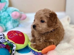TEACUP GOLDENDOODLE PUPPIES, Precious Doodle Dogs, Teacup Doodle Dogs, Goldendoodle, Doodle Dog, Golden Doodle, Golden Doodle puppies, Golden Doodle Dogs, Puppy Golden Doodles, Puppy Goldendoodles, Golden Doodles, A Star is Born, A star is born goldendoodle, a star is born dog, Bradley Cooper's Dog, Bradley Cooper Dog, Bradley Cooper's Goldendoodle, Teddy Bear Goldendoodle, Teddy Bear Dog, Goldendoodle for sale, Goldendoodle puppies for sale, Miniature goldendoodle, goldendoodle puppies, mini goldendoodle, mini puppies, mini goldendoodle size, f1 goldendoodle, golden retriever poodle, chocolate goldendoodle, small doodles, goldendoodle temperament, goldendoodle colors, goldendoodle price, white goldendoodle, f2 goldendoodle, mini goldendoodle price, mini goldendoodle full grown, f1 mini goldendoodle, f1b goldendoodle, parti goldendoodle, goldendoodles near me, english goldendoodle, australian goldendoodle, red goldendoodle, doodle breeds, brown goldendoodle, goldendoodle cost, Precious Goldendoodle, Precious Golden Doodle, Precious Teacup Goldendoodle, adult mini goldendoodle, golden noodle dog, doodle dog breeds, miniature golden doodle, miniature puppies, golden retriever poodle mix, arizona goldendoodles, goldendoodle training, goldendoodle size, how big do mini goldendoodles get, goldendoodle full grown, baby goldendoodle, goldendoodle houston, golden doodles for sale, adult goldendoodle, apricot goldendoodle, goldendoodle grooming, mini golden doodles, goldendoodle shedding, f2b goldendoodle, goldendoodle hypoallergenic, goldendoodle names, english cream goldendoodle, golden retriever and poodle mix, mini goldendoodle puppies, micro goldendoodle, mini goldendoodle puppies for sale, miniature goldendoodle for sale, goldendoodle puppies for adoption, teddy bear goldendoodle, mini goldendoodle rescue, medium goldendoodle, black goldendoodle, mini goldendoodle for sale near me, goldendoodle puppies for sale near me, mini doodle, doodle puppies, mini goldendoodle for sale, goldendoodle breeders near me, miniature goldendoodle for sale near me, toy goldendoodle, petite goldendoodle, golden doodle dog, miniature goldendoodle puppies, mini goldendoodle puppies for sale near me, goldendoodles for sale near me, mini goldedoodle breeders, goldendoodle adoption, f1b mini goldendoodle, small goldendoodle, teacup goldendoodle, goldendoodle puppies near me, goldendoodle breeders, how to groom a goldendoodle, great doodle puppies, golden doodle mix, goldendoodle tampa, goldendoodle facts, white doodle dog, white goldendoodle puppy, mini goldendoodle maryland, country mini doodles, goldendoodle los angeles, toy labradoodle puppies for sale, types of goldendoodles, mini golden retriever puppies, golden goldendoodle, mini golden retriever puppies for sale, miniature australian goldendoodle, goldendoodle sacramento, goldendoodle omaha, labradoodle goldendoodle, f1 medium goldendoodle, BEST goldendoodles, pictures of mini goldendoodles, teacup goldendoodle full grown, micro mini goldendoodle full grown, toy goldendoodle price, goldendoodle chicago, retriever doodle, teacup goldendoodle puppies for sale, cute goldendoodle, mini teddy bear puppies, miniature goldendoodle full grown, f2 mini goldendoodle, goldendoodle spokane, mini goldendoodle chicago, micro mini goldendoodle, how nbig do miniature goldendoodles get, brown mini goldendoodle, mini doodle breeds, poodle doodle dog, what is a mini goldendoodle, black mini goldendoodle, mini irish doodle puppies for sale, f1b goldendoodle size, toy golden doodles, chocolate brown goldendoodle puppies for sale, petite goldendoodle full grown, goldendoodle behavior, american goldendoodle, f1b medium goldendoodle, goldendoodle puppy cost, cute goldendoodle puppies, goldendoodle indianapolis, teddy goldendoodle, mini goldendoodle weight, teddy bear golden doodles, f1b goldendoodle puppies for sale, miniature goldendoodle size, chocolate goldendoodle puppy, english cream mini goldendoodle, doodle puppies near me, red miniature goldendoodle, cream goldendoodle, goldendoodle puppy cut, mini goldendoodle hypoallergenic, dog breed goldendoodle, goldendoodle poodle mixes, goldendoodle allergies, goldendoodle info, sandy ridge goldendoodles, lakeshore goldendoodles, toy goldendoodle puppies for sale, labradoodle and goldendoodle, goldendoodle las vegas, goldendoodle phoenix, doodle breeders near me, miniature goldendoodle weight, black and white goldendoodle, sarasota goldendoodles, mini goldendoodle dallas, a goldendoodle, what is a goldendoodle, goldendoodle dallas, mini golden doodles for sale, ginger doodle puppy, how much does a mini goldendoodle cost, goldendoodle san antonio, goldendoodle photos, goldendoodle cuts, chocolate mini goldendoodle, all about goldendoodles, goldendoodle cincinnati, black doodle dog, goldendoodle weight, miniature goldendoodle breeders, goldendoodle information, miniature goldendoodle puppies for sale, doodle puppies for sale near me, black labradoodle puppies for sale, goldendoodle seattle, golden doodles near me, teacup goldendoodle for sale, golden retriever poodle puppy, goldendoodle rochester ny, goldendoodle and poodle mix, akc goldendoodle, goldendoodle kansas city, mini goldendoodle facts, goldendoodle austin, goldendoodle doodle, goldendoodle tulsa, curly goldendoodle, brown goldendoodle puppies, f1b labradoodle puppies for sale, red mini goldendoodle, goldendoodle poodle, chocolate goldendoodle for sale, tiny goldendoodle, goldendoodle puppies breeders, english goldendoodle puppies for sale, mini golden labradoodle, f1b mini teddy bear goldendoodles, red goldendoodle puppies for sale, miniature golden retriever breeders, f1 goldendoodles for sale, teacup goldendoodle puppies, toy mini goldendoodle, xs petite goldendoodle, f2 goldendoodle puppies for sale, mini goldendoodle cost, black goldendoodle for sale, english teddy bear goldendoodle, small doodle dogs, goldendoodle nashville, english goldendoodle puppies, golden retriever poodle mix for sale, red goldendoodle puppy, parti goldendoodles for sale, english cream goldendoodles for sale, doodle puppies for sale, golden retriever poodle mix puppies, goldendoodle tucson, f1b mini goldendoodle puppies for sale, mini goldendoodle breeders northeast, teddy bear goldendoodle, toy goldendoodle rescue, petite mini goldendoodle, goldendoodle stuff, mini goldendoodles near me, teddy bear goldendoodle puppies, f1 goldendoodle puppies, teddy bear goldendoodles for sale, silver goldendoodle, buy goldendoodle, mini golden doodle dog, teddy bear goldendoodles mini, micro mini goldendoodle puppies for sale, goldendoodle dogs for sale, best goldendoodle breeders, chocolate goldendoodle puppies for sale, doodle dogs for sale, toy goldendoodle puppies, mini doodle dog, toy goldendoodle breeders, doodles for sale, goldendoodle hypoallergenic dog, mini goldendoodle breeders near me, english goldendoodle breeders, f1b mini goldendoodle for sale, teacup goldendoodle price, petite goldendoodle for sale, mini english goldendoodle, mini goldendoodle info, miniature goldendoodle puppies for sale near me, black goldendoodle puppies for sale, f1 goldendoodle puppies for sale, Teacup Goldendoodles AL, Teacup Goldendoodles AK, Teacup Goldendoodles AZ, Teacup Goldendoodles AR, Teacup Goldendoodles CA, Teacup Goldendoodles CO, Teacup Goldendoodles CT, Teacup Goldendoodles DE, Teacup Goldendoodles FL, Teacup Goldendoodles GA, Teacup Goldendoodles HI, Teacup Goldendoodles ID, Teacup Goldendoodles IL, Teacup Goldendoodles IN, Teacup Goldendoodles IA, Teacup Goldendoodles KS, Teacup Goldendoodles KY, Teacup Goldendoodles LA, Teacup Goldendoodles ME, Teacup Goldendoodles MD, Teacup Goldendoodles MA, Teacup Goldendoodles MI, Teacup Goldendoodles MN, Teacup Goldendoodles MS, Teacup Goldendoodles MO, Teacup Goldendoodles MT, Teacup Goldendoodles NE, Teacup Goldendoodles NV, Teacup Goldendoodles NH, Teacup Goldendoodles NJ, Teacup Goldendoodles NM, Teacup Goldendoodles NY, Teacup Goldendoodles NC, Teacup Goldendoodles ND, Teacup Goldendoodles OH, Teacup Goldendoodles OK, Teacup Goldendoodles OR, Teacup Goldendoodles PA, Teacup Goldendoodles RI, Teacup Goldendoodles SC, Teacup Goldendoodles SD, Teacup Goldendoodles TN, Teacup Goldendoodles TX, Teacup Goldendoodles UT, Teacup Goldendoodles VT, Teacup Goldendoodles VA, Teacup Goldendoodles WA, Teacup Goldendoodles WV, Teacup Goldendoodles WI, Teacup Goldendoodles WY, Teacup Golden Doodles AL, Teacup Golden Doodles AK, Teacup Golden Doodles AZ, Teacup Golden Doodles AR, Teacup Golden Doodles CA, Teacup Golden Doodles CO, Teacup Golden Doodles CT, Teacup Golden Doodles DE, Teacup Golden Doodles FL, Teacup Golden Doodles GA, Teacup Golden Doodles HI, Teacup Golden Doodles ID, Teacup Golden Doodles IL, Teacup Golden Doodles IN, Teacup Golden Doodles IA, Teacup Golden Doodles KS, Teacup Golden Doodles KY, Teacup Golden Doodles LA, Teacup Golden Doodles ME, Teacup Golden Doodles MD, Teacup Golden Doodles MA, Teacup Golden Doodles MI, Teacup Golden Doodles MN, Teacup Golden Doodles MS, Teacup Golden Doodles MO, Teacup Golden Doodles MT, Teacup Golden Doodles NE, Teacup Golden Doodles NV, Teacup Golden Doodles NH, Teacup Golden Doodles NJ, Teacup Golden Doodles NM, Teacup Golden Doodles NY, Teacup Golden Doodles NC, Teacup Golden Doodles ND, Teacup Golden Doodles OH, Teacup Golden Doodles OK, Teacup Golden Doodles OR, Teacup Golden Doodles PA, Teacup Golden Doodles RI, Teacup Golden Doodles SC, Teacup Golden Doodles SD, Teacup Golden Doodles TN, Teacup Golden Doodles TX, Teacup Golden Doodles UT, Teacup Golden Doodles VT, Teacup Golden Doodles VA, Teacup Golden Doodles WA, Teacup Golden Doodles WV, Teacup Golden Doodles WI, Teacup Golden Doodles WY, Toy Goldendoodle Alabama, Toy Goldendoodle Alaska, Toy Goldendoodle Arizona, Toy Goldendoodle Arkansas, Toy Goldendoodle California, Toy Goldendoodle Colorado, Toy Goldendoodle Connecticut, Toy Goldendoodle Delaware, Toy Goldendoodle Florida, Toy Goldendoodle Georgia, Toy Goldendoodle Hawaii, Toy Goldendoodle Idaho, Toy Goldendoodle Illinois, Toy Goldendoodle Indiana, Toy Goldendoodle Iowa, Toy Goldendoodle Kansas, Toy Goldendoodle Kentucky, Toy Goldendoodle Louisiana, Toy Goldendoodle Maine, Toy Goldendoodle Maryland, Toy Goldendoodle Massachusetts, Toy Goldendoodle Michigan, Toy Goldendoodle Minnesota, Toy Goldendoodle Mississippi, Toy Goldendoodle Missouri, Toy Goldendoodle Montana, Toy Goldendoodle Nebraska, Toy Goldendoodle Nevada, Toy Goldendoodle New Hampshire, Toy Goldendoodle New Jersey, Toy Goldendoodle New Mexico, Toy Goldendoodle New York, Toy Goldendoodle North Carolina, Toy Goldendoodle North Dakota, Toy Goldendoodle Ohio, Toy Goldendoodle Oklahoma, Toy Goldendoodle Oregon, Toy Goldendoodle Pennsylvania, Toy Goldendoodle Rhode Island, Toy Goldendoodle South Carolina, Toy Goldendoodle South Dakota, Toy Goldendoodle Tennessee, Toy Goldendoodle Texas, Toy Goldendoodle Utah, Toy Goldendoodle Vermont, Toy Goldendoodle Virginia, Toy Goldendoodle Washington, Toy Goldendoodle West Virginia, Toy Goldendoodle Wisconsin, Toy Goldendoodle Wyoming, Golden Doodle Breeders AL, Golden Doodle Breeders AK, Golden Doodle Breeders AZ, Golden Doodle Breeders AR, Golden Doodle Breeders CA, Golden Doodle Breeders CO, Golden Doodle Breeders CT, Golden Doodle Breeders DE, Golden Doodle Breeders FL, Golden Doodle Breeders GA, Golden Doodle Breeders HI, Golden Doodle Breeders ID, Golden Doodle Breeders IL, Golden Doodle Breeders IN, Golden Doodle Breeders IA, Golden Doodle Breeders KS, Golden Doodle Breeders KY, Golden Doodle Breeders LA, Golden Doodle Breeders ME, Golden Doodle Breeders MD, Golden Doodle Breeders MA, Golden Doodle Breeders MI, Golden Doodle Breeders MN, Golden Doodle Breeders MS, Golden Doodle Breeders MO, Golden Doodle Breeders MT, Golden Doodle Breeders NE, Golden Doodle Breeders NV, Golden Doodle Breeders NH, Golden Doodle Breeders NJ, Golden Doodle Breeders NM, Golden Doodle Breeders NY, Golden Doodle Breeders NC, Golden Doodle Breeders ND, Golden Doodle Breeders OH, Golden Doodle Breeders OK, Golden Doodle Breeders OR, Golden Doodle Breeders PA, Golden Doodle Breeders RI, Golden Doodle Breeders SC, Golden Doodle Breeders SD, Golden Doodle Breeders TN, Golden Doodle Breeders TX, Golden Doodle Breeders UT, Golden Doodle Breeders VT, Golden Doodle Breeders VA, Golden Doodle Breeders WA, Golden Doodle Breeders WV, Golden Doodle Breeders WI, Golden Doodle Breeders WY, Golden Doodles for sale in AL, Golden Doodles for sale in AK, Golden Doodles for sale in AZ, Golden Doodles for sale in AR, Golden Doodles for sale in CA, Golden Doodles for sale in CO, Golden Doodles for sale in CT, Golden Doodles for sale in DE, Golden Doodles for sale in FL, Golden Doodles for sale in GA, Golden Doodles for sale in HI, Golden Doodles for sale in ID, Golden Doodles for sale in IL, Golden Doodles for sale in IN, Golden Doodles for sale in IA, Golden Doodles for sale in KS, Golden Doodles for sale in KY, Golden Doodles for sale in LA, Golden Doodles for sale in ME, Golden Doodles for sale in MD, Golden Doodles for sale in MA, Golden Doodles for sale in MI, Golden Doodles for sale in MN, Golden Doodles for sale in MS, Golden Doodles for sale in MO, Golden Doodles for sale in MT, Golden Doodles for sale in NE, Golden Doodles for sale in NV, Golden Doodles for sale in NH, Golden Doodles for sale in NJ, Golden Doodles for sale in NM, Golden Doodles for sale in NY, Golden Doodles for sale in NC, Golden Doodles for sale in ND, Golden Doodles for sale in OH, Golden Doodles for sale in OK, Golden Doodles for sale in OR, Golden Doodles for sale in PA, Golden Doodles for sale in RI, Golden Doodles for sale in SC, Golden Doodles for sale in SD, Golden Doodles for sale in TN, Golden Doodles for sale in TX, Golden Doodles for sale in UT, Golden Doodles for sale in VT, Golden Doodles for sale in VA, Golden Doodles for sale in WA, Golden Doodles for sale in WV, Golden Doodles for sale in WI, Golden Doodles for sale in WY, Goldendoodle Breeders AL, Goldendoodle Breeders AK, Goldendoodle Breeders AZ, Goldendoodle Breeders AR, Goldendoodle Breeders CA, Goldendoodle Breeders CO, Goldendoodle Breeders CT, Goldendoodle Breeders DE, Goldendoodle Breeders FL, Goldendoodle Breeders GA, Goldendoodle Breeders HI, Goldendoodle Breeders ID, Goldendoodle Breeders IL, Goldendoodle Breeders IN, Goldendoodle Breeders IA, Goldendoodle Breeders KS, Goldendoodle Breeders KY, Goldendoodle Breeders LA, Goldendoodle Breeders ME, Goldendoodle Breeders MD, Goldendoodle Breeders MA, Goldendoodle Breeders MI, Goldendoodle Breeders MN, Goldendoodle Breeders MS, Goldendoodle Breeders MO, Goldendoodle Breeders MT, Goldendoodle Breeders NE, Goldendoodle Breeders NV, Goldendoodle Breeders NH, Goldendoodle Breeders NJ, Goldendoodle Breeders NM, Goldendoodle Breeders NY, Goldendoodle Breeders NC, Goldendoodle Breeders ND, Goldendoodle Breeders OH, Goldendoodle Breeders OK, Goldendoodle Breeders OR, Goldendoodle Breeders PA, Goldendoodle Breeders RI, Goldendoodle Breeders SC, Goldendoodle Breeders SD, Goldendoodle Breeders TN, Goldendoodle Breeders TX, Goldendoodle Breeders UT, Goldendoodle Breeders VT, Goldendoodle Breeders VA, Goldendoodle Breeders WA, Goldendoodle Breeders WV, Goldendoodle Breeders WI, Goldendoodle Breeders WY, Goldendoodles for sale in AL, Goldendoodles for sale in AK, Goldendoodles for sale in AZ, Goldendoodles for sale in AR, Goldendoodles for sale in CA, Goldendoodles for sale in CO, Goldendoodles for sale in CT, Goldendoodles for sale in DE, Goldendoodles for sale in FL, Goldendoodles for sale in GA, Goldendoodles for sale in HI, Goldendoodles for sale in ID, Goldendoodles for sale in IL, Goldendoodles for sale in IN, Goldendoodles for sale in IA, Goldendoodles for sale in KS, Goldendoodles for sale in KY, Goldendoodles for sale in LA, Goldendoodles for sale in ME, Goldendoodles for sale in MD, Goldendoodles for sale in MA, Goldendoodles for sale in MI, Goldendoodles for sale in MN, Goldendoodles for sale in MS, Goldendoodles for sale in MO, Goldendoodles for sale in MT, Goldendoodles for sale in NE, Goldendoodles for sale in NV, Goldendoodles for sale in NH, Goldendoodles for sale in NJ, Goldendoodles for sale in NM, Goldendoodles for sale in NY, Goldendoodles for sale in NC, Goldendoodles for sale in ND, Goldendoodles for sale in OH, Goldendoodles for sale in OK, Goldendoodles for sale in OR, Goldendoodles for sale in PA, Goldendoodles for sale in RI, Goldendoodles for sale in SC, Goldendoodles for sale in SD, Goldendoodles for sale in TN, Goldendoodles for sale in TX, Goldendoodles for sale in UT, Goldendoodles for sale in VT, Goldendoodles for sale in VA, Goldendoodles for sale in WA, Goldendoodles for sale in WV, Goldendoodles for sale in WI, Goldendoodles for sale in WY,