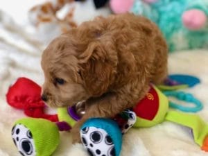 TEACUP GOLDENDOODLE PUPPIES, Precious Doodle Dogs, Teacup Doodle Dogs, Goldendoodle, Doodle Dog, Golden Doodles, A Star is Born, A star is born goldendoodle, a star is born dog, Bradley Cooper's Dog, Teacup Golden Doodles AL, Teacup Golden Doodles AK, Teacup Golden Doodles AZ, Teacup Golden Doodles AR, Teacup Golden Doodles CA, Teacup Golden Doodles CO, Teacup Golden Doodles CT, Teacup Golden Doodles DE, Teacup Golden Doodles FL, Teacup Golden Doodles GA, Teacup Golden Doodles HI, Teacup Golden Doodles ID, Teacup Golden Doodles IL, Teacup Golden Doodles IN, Teacup Golden Doodles IA, Teacup Golden Doodles KS, Teacup Golden Doodles KY, Teacup Golden Doodles LA, Teacup Golden Doodles ME, Teacup Golden Doodles MD, Teacup Golden Doodles MA, Teacup Golden Doodles MI, Teacup Golden Doodles MN, Teacup Golden Doodles MS, Teacup Golden Doodles MO, Teacup Golden Doodles MT, Teacup Golden Doodles NE, Teacup Golden Doodles NV, Teacup Golden Doodles NH, Teacup Golden Doodles NJ, Teacup Golden Doodles NM, Teacup Golden Doodles NY, Teacup Golden Doodles NC, Teacup Golden Doodles ND, Teacup Golden Doodles OH, Teacup Golden Doodles OK, Teacup Golden Doodles OR, Teacup Golden Doodles PA, Teacup Golden Doodles RI, Teacup Golden Doodles SC, Teacup Golden Doodles SD, Teacup Golden Doodles TN, Teacup Golden Doodles TX, Teacup Golden Doodles UT, Teacup Golden Doodles VT, Teacup Golden Doodles VA, Teacup Golden Doodles WA, Teacup Golden Doodles WV, Teacup Golden Doodles WI, Teacup Golden Doodles WY, Bradley Cooper's Goldendoodle, Goldendoodle for sale, Goldendoodle puppies for sale, Miniature goldendoodle, goldendoodle puppies, mini goldendoodle, mini puppies, mini goldendoodle size, f1 goldendoodle, golden retriever poodle, chocolate goldendoodle, small doodles, goldendoodle temperament, goldendoodle colors, goldendoodle price, white goldendoodle, f2 goldendoodle, mini goldendoodle price, mini goldendoodle full grown, f1 mini goldendoodle, f1b goldendoodle, parti goldendoodle, goldendoodles near me, english goldendoodle, australian goldendoodle, red goldendoodle, doodle breeds, brown goldendoodle, goldendoodle cost, adult mini goldendoodle, golden noodle dog, doodle dog breeds, miniature golden doodle, miniature puppies, golden retriever poodle mix, arizona goldendoodles, goldendoodle training, goldendoodle size, how big do mini goldendoodles get, goldendoodle full grown, baby goldendoodle, goldendoodle houston, golden doodles for sale, adult goldendoodle, apricot goldendoodle, goldendoodle grooming, mini golden doodles, goldendoodle shedding, f2b goldendoodle, goldendoodle hypoallergenic, goldendoodle names, english cream goldendoodle, golden retriever and poodle mix, mini goldendoodle puppies, micro goldendoodle, mini goldendoodle puppies for sale, miniature goldendoodle for sale, goldendoodle puppies for adoption, teddy bear goldendoodle, mini goldendoodle rescue, medium goldendoodle, black goldendoodle, mini goldendoodle for sale near me, goldendoodle puppies for sale near me, mini doodle, doodle puppies, mini goldendoodle for sale, goldendoodle breeders near me, miniature goldendoodle for sale near me, toy goldendoodle, petite goldendoodle, golden doodle dog, miniature goldendoodle puppies, mini goldendoodle puppies for sale near me, goldendoodles for sale near me, mini goldedoodle breeders, goldendoodle adoption, f1b mini goldendoodle, small goldendoodle, teacup goldendoodle, goldendoodle puppies near me, goldendoodle breeders, how to groom a goldendoodle, great doodle puppies, golden doodle mix, goldendoodle tampa, goldendoodle facts, white doodle dog, white goldendoodle puppy, mini goldendoodle maryland, country mini doodles, goldendoodle los angeles, toy labradoodle puppies for sale, types of goldendoodles, mini golden retriever puppies, golden goldendoodle, mini golden retriever puppies for sale, miniature australian goldendoodle, goldendoodle sacramento, goldendoodle omaha, labradoodle goldendoodle, f1 medium goldendoodle, BEST goldendoodles, pictures of mini goldendoodles, teacup goldendoodle full grown, micro mini goldendoodle full grown, toy goldendoodle price, goldendoodle chicago, retriever doodle, teacup goldendoodle puppies for sale, cute goldendoodle, mini teddy bear puppies, miniature goldendoodle full grown, f2 mini goldendoodle, goldendoodle spokane, mini goldendoodle chicago, micro mini goldendoodle, how nbig do miniature goldendoodles get, brown mini goldendoodle, mini doodle breeds, poodle doodle dog, what is a mini goldendoodle, black mini goldendoodle, mini irish doodle puppies for sale, f1b goldendoodle size, toy golden doodles, chocolate brown goldendoodle puppies for sale, petite goldendoodle full grown, goldendoodle behavior, american goldendoodle, f1b medium goldendoodle, goldendoodle puppy cost, cute goldendoodle puppies, goldendoodle indianapolis, teddy goldendoodle, mini goldendoodle weight, teddy bear golden doodles, f1b goldendoodle puppies for sale, miniature goldendoodle size, chocolate goldendoodle puppy, english cream mini goldendoodle, doodle puppies near me, red miniature goldendoodle, cream goldendoodle, goldendoodle puppy cut, mini goldendoodle hypoallergenic, dog breed goldendoodle, goldendoodle poodle mixes, goldendoodle allergies, goldendoodle info, sandy ridge goldendoodles, lakeshore goldendoodles, toy goldendoodle puppies for sale, labradoodle and goldendoodle, goldendoodle las vegas, goldendoodle phoenix, doodle breeders near me, miniature goldendoodle weight, black and white goldendoodle, sarasota goldendoodles, mini goldendoodle dallas, a goldendoodle, what is a goldendoodle, goldendoodle dallas, mini golden doodles for sale, ginger doodle puppy, how much does a mini goldendoodle cost, goldendoodle san antonio, goldendoodle photos, goldendoodle cuts, chocolate mini goldendoodle, all about goldendoodles, goldendoodle cincinnati, black doodle dog, goldendoodle weight, miniature goldendoodle breeders, goldendoodle information, miniature goldendoodle puppies for sale, doodle puppies for sale near me, black labradoodle puppies for sale, goldendoodle seattle, golden doodles near me, teacup goldendoodle for sale, golden retriever poodle puppy, goldendoodle rochester ny, goldendoodle and poodle mix, akc goldendoodle, goldendoodle kansas city, mini goldendoodle facts, goldendoodle austin, goldendoodle doodle, goldendoodle tulsa, curly goldendoodle, brown goldendoodle puppies, f1b labradoodle puppies for sale, red mini goldendoodle, goldendoodle poodle, chocolate goldendoodle for sale, tiny goldendoodle, goldendoodle puppies breeders, english goldendoodle puppies for sale, mini golden labradoodle, f1b mini teddy bear goldendoodles, red goldendoodle puppies for sale, miniature golden retriever breeders, f1 goldendoodles for sale, teacup goldendoodle puppies, toy mini goldendoodle, xs petite goldendoodle, f2 goldendoodle puppies for sale, mini goldendoodle cost, black goldendoodle for sale, english teddy bear goldendoodle, small doodle dogs, goldendoodle nashville, english goldendoodle puppies, golden retriever poodle mix for sale, red goldendoodle puppy, parti goldendoodles for sale, english cream goldendoodles for sale, doodle puppies for sale, golden retriever poodle mix puppies, goldendoodle tucson, f1b mini goldendoodle puppies for sale, mini goldendoodle breeders northeast, teddy bear goldendoodle, toy goldendoodle rescue, petite mini goldendoodle, goldendoodle stuff, mini goldendoodles near me, teddy bear goldendoodle puppies, f1 goldendoodle puppies, teddy bear goldendoodles for sale, silver goldendoodle, buy goldendoodle, mini golden doodle dog, teddy bear goldendoodles mini, micro mini goldendoodle puppies for sale, goldendoodle dogs for sale, best goldendoodle breeders, chocolate goldendoodle puppies for sale, doodle dogs for sale, toy goldendoodle puppies, mini doodle dog, toy goldendoodle breeders, doodles for sale, goldendoodle hypoallergenic dog, mini goldendoodle breeders near me, english goldendoodle breeders, f1b mini goldendoodle for sale, teacup goldendoodle price, petite goldendoodle for sale, mini english goldendoodle, mini goldendoodle info, miniature goldendoodle puppies for sale near me, black goldendoodle puppies for sale, f1 goldendoodle puppies for sale, Teacup Goldendoodles AL, Teacup Goldendoodles AK, Teacup Goldendoodles AZ, Teacup Goldendoodles AR, Teacup Goldendoodles CA, Teacup Goldendoodles CO, Teacup Goldendoodles CT, Teacup Goldendoodles DE, Teacup Goldendoodles FL, Teacup Goldendoodles GA, Teacup Goldendoodles HI, Teacup Goldendoodles ID, Teacup Goldendoodles IL, Teacup Goldendoodles IN, Teacup Goldendoodles IA, Teacup Goldendoodles KS, Teacup Goldendoodles KY, Teacup Goldendoodles LA, Teacup Goldendoodles ME, Teacup Goldendoodles MD, Teacup Goldendoodles MA, Teacup Goldendoodles MI, Teacup Goldendoodles MN, Teacup Goldendoodles MS, Teacup Goldendoodles MO, Teacup Goldendoodles MT, Teacup Goldendoodles NE, Teacup Goldendoodles NV, Teacup Goldendoodles NH, Teacup Goldendoodles NJ, Teacup Goldendoodles NM, Teacup Goldendoodles NY, Teacup Goldendoodles NC, Teacup Goldendoodles ND, Teacup Goldendoodles OH, Teacup Goldendoodles OK, Teacup Goldendoodles OR, Teacup Goldendoodles PA, Teacup Goldendoodles RI, Teacup Goldendoodles SC, Teacup Goldendoodles SD, Teacup Goldendoodles TN, Teacup Goldendoodles TX, Teacup Goldendoodles UT, Teacup Goldendoodles VT, Teacup Goldendoodles VA, Teacup Goldendoodles WA, Teacup Goldendoodles WV, Teacup Goldendoodles WI, Teacup Goldendoodles WY, Toy Goldendoodle Alabama, Toy Goldendoodle Alaska, Toy Goldendoodle Arizona, Toy Goldendoodle Arkansas, Toy Goldendoodle California, Toy Goldendoodle Colorado, Toy Goldendoodle Connecticut, Toy Goldendoodle Delaware, Toy Goldendoodle Florida, Toy Goldendoodle Georgia, Toy Goldendoodle Hawaii, Toy Goldendoodle Idaho, Toy Goldendoodle Illinois, Toy Goldendoodle Indiana, Toy Goldendoodle Iowa, Toy Goldendoodle Kansas, Toy Goldendoodle Kentucky, Toy Goldendoodle Louisiana, Toy Goldendoodle Maine, Toy Goldendoodle Maryland, Toy Goldendoodle Massachusetts, Toy Goldendoodle Michigan, Toy Goldendoodle Minnesota, Toy Goldendoodle Mississippi, Toy Goldendoodle Missouri, Toy Goldendoodle Montana, Toy Goldendoodle Nebraska, Toy Goldendoodle Nevada, Toy Goldendoodle New Hampshire, Toy Goldendoodle New Jersey, Toy Goldendoodle New Mexico, Toy Goldendoodle New York, Toy Goldendoodle North Carolina, Toy Goldendoodle North Dakota, Toy Goldendoodle Ohio, Toy Goldendoodle Oklahoma, Toy Goldendoodle Oregon, Toy Goldendoodle Pennsylvania, Toy Goldendoodle Rhode Island, Toy Goldendoodle South Carolina, Toy Goldendoodle South Dakota, Toy Goldendoodle Tennessee, Toy Goldendoodle Texas, Toy Goldendoodle Utah, Toy Goldendoodle Vermont, Toy Goldendoodle Virginia, Toy Goldendoodle Washington, Toy Goldendoodle West Virginia, Toy Goldendoodle Wisconsin, Toy Goldendoodle Wyoming, Mini Goldendoodle breeders AL, Mini Goldendoodle breeders AK, Mini Goldendoodle breeders AZ, Mini Goldendoodle breeders AR, Mini Goldendoodle breeders CA, Mini Goldendoodle breeders CO, Mini Goldendoodle breeders CT, Mini Goldendoodle breeders DE, Mini Goldendoodle breeders FL, Mini Goldendoodle breeders GA, Mini Goldendoodle breeders HI, Mini Goldendoodle breeders ID, Mini Goldendoodle breeders IL, Mini Goldendoodle breeders IN, Mini Goldendoodle breeders IA, Mini Goldendoodle breeders KS, Mini Goldendoodle breeders KY, Mini Goldendoodle breeders LA, Mini Goldendoodle breeders ME, Mini Goldendoodle breeders MD, Mini Goldendoodle breeders MA, Mini Goldendoodle breeders MI, Mini Goldendoodle breeders MN, Mini Goldendoodle breeders MS, Mini Goldendoodle breeders MO, Mini Goldendoodle breeders MT, Mini Goldendoodle breeders NE, Mini Goldendoodle breeders NV, Mini Goldendoodle breeders NH, Mini Goldendoodle breeders NJ, Mini Goldendoodle breeders NM, Mini Goldendoodle breeders NY, Mini Goldendoodle breeders NC, Mini Goldendoodle breeders ND, Mini Goldendoodle breeders OH, Mini Goldendoodle breeders OK, Mini Goldendoodle breeders OR, Mini Goldendoodle breeders PA, Mini Goldendoodle breeders RI, Mini Goldendoodle breeders SC, Mini Goldendoodle breeders SD, Mini Goldendoodle breeders TN, Mini Goldendoodle breeders TX, Mini Goldendoodle breeders UT, Mini Goldendoodle breeders VT, Mini Goldendoodle breeders VA, Mini Goldendoodle breeders WA, Mini Goldendoodle breeders WV, Mini Goldendoodle breeders WI, Mini Goldendoodle breeders WY, Mini Goldendoodle puppies for sale in AL, Mini Goldendoodle puppies for sale in AK, Mini Goldendoodle puppies for sale in AZ, Mini Goldendoodle puppies for sale in AR, Mini Goldendoodle puppies for sale in CA, Mini Goldendoodle puppies for sale in CO, Mini Goldendoodle puppies for sale in CT, Mini Goldendoodle puppies for sale in DE, Mini Goldendoodle puppies for sale in FL, Mini Goldendoodle puppies for sale in GA, Mini Goldendoodle puppies for sale in HI, Mini Goldendoodle puppies for sale in ID, Mini Goldendoodle puppies for sale in IL, Mini Goldendoodle puppies for sale in IN, Mini Goldendoodle puppies for sale in IA, Mini Goldendoodle puppies for sale in KS, Mini Goldendoodle puppies for sale in KY, Mini Goldendoodle puppies for sale in LA, Mini Goldendoodle puppies for sale in ME, Mini Goldendoodle puppies for sale in MD, Mini Goldendoodle puppies for sale in MA, Mini Goldendoodle puppies for sale in MI, Mini Goldendoodle puppies for sale in MN, Mini Goldendoodle puppies for sale in MS, Mini Goldendoodle puppies for sale in MO, Mini Goldendoodle puppies for sale in MT, Mini Goldendoodle puppies for sale in NE, Mini Goldendoodle puppies for sale in NV, Mini Goldendoodle puppies for sale in NH, Mini Goldendoodle puppies for sale in NJ, Mini Goldendoodle puppies for sale in NM, Mini Goldendoodle puppies for sale in NY, Mini Goldendoodle puppies for sale in NC, Mini Goldendoodle puppies for sale in ND, Mini Goldendoodle puppies for sale in OH, Mini Goldendoodle puppies for sale in OK, Mini Goldendoodle puppies for sale in OR, Mini Goldendoodle puppies for sale in PA, Mini Goldendoodle puppies for sale in RI, Mini Goldendoodle puppies for sale in SC, Mini Goldendoodle puppies for sale in SD, Mini Goldendoodle puppies for sale in TN, Mini Goldendoodle puppies for sale in TX, Mini Goldendoodle puppies for sale in UT, Mini Goldendoodle puppies for sale in VT, Mini Goldendoodle puppies for sale in VA, Mini Goldendoodle puppies for sale in WA, Mini Goldendoodle puppies for sale in WV, Mini Goldendoodle puppies for sale in WI, Mini Goldendoodle puppies for sale in WY, Miniature Goldendoodles for sale in AL, Miniature Goldendoodles for sale in AK, Miniature Goldendoodles for sale in AZ, Miniature Goldendoodles for sale in AR, Miniature Goldendoodles for sale in CA, Miniature Goldendoodles for sale in CO, Miniature Goldendoodles for sale in CT, Miniature Goldendoodles for sale in DE, Miniature Goldendoodles for sale in FL, Miniature Goldendoodles for sale in GA, Miniature Goldendoodles for sale in HI, Miniature Goldendoodles for sale in ID, Miniature Goldendoodles for sale in IL, Miniature Goldendoodles for sale in IN, Miniature Goldendoodles for sale in IA, Miniature Goldendoodles for sale in KS, Miniature Goldendoodles for sale in KY, Miniature Goldendoodles for sale in LA, Miniature Goldendoodles for sale in ME, Miniature Goldendoodles for sale in MD, Miniature Goldendoodles for sale in MA, Miniature Goldendoodles for sale in MI, Miniature Goldendoodles for sale in MN, Miniature Goldendoodles for sale in MS, Miniature Goldendoodles for sale in MO, Miniature Goldendoodles for sale in MT, Miniature Goldendoodles for sale in NE, Miniature Goldendoodles for sale in NV, Miniature Goldendoodles for sale in NH, Miniature Goldendoodles for sale in NJ, Miniature Goldendoodles for sale in NM, Miniature Goldendoodles for sale in NY, Miniature Goldendoodles for sale in NC, Miniature Goldendoodles for sale in ND, Miniature Goldendoodles for sale in OH, Miniature Goldendoodles for sale in OK, Miniature Goldendoodles for sale in OR, Miniature Goldendoodles for sale in PA, Miniature Goldendoodles for sale in RI, Miniature Goldendoodles for sale in SC, Miniature Goldendoodles for sale in SD, Miniature Goldendoodles for sale in TN, Miniature Goldendoodles for sale in TX, Miniature Goldendoodles for sale in UT, Miniature Goldendoodles for sale in VT, Miniature Goldendoodles for sale in VA, Miniature Goldendoodles for sale in WA, Miniature Goldendoodles for sale in WV, Miniature Goldendoodles for sale in WI, Miniature Goldendoodles for sale in WY, Miniature Goldendoodle Alabama, Miniature Goldendoodle Alaska, Miniature Goldendoodle Arizona, Miniature Goldendoodle Arkansas, Miniature Goldendoodle California, Miniature Goldendoodle Colorado, Miniature Goldendoodle Connecticut, Miniature Goldendoodle Delaware, Miniature Goldendoodle Florida, Miniature Goldendoodle Georgia, Miniature Goldendoodle Hawaii, Miniature Goldendoodle Idaho, Miniature Goldendoodle Illinois, Miniature Goldendoodle Indiana, Miniature Goldendoodle Iowa, Miniature Goldendoodle Kansas, Miniature Goldendoodle Kentucky, Miniature Goldendoodle Louisiana, Miniature Goldendoodle Maine, Miniature Goldendoodle Maryland, Miniature Goldendoodle Massachusetts, Miniature Goldendoodle Michigan, Miniature Goldendoodle Minnesota, Miniature Goldendoodle Mississippi, Miniature Goldendoodle Missouri, Miniature Goldendoodle Montana, Miniature Goldendoodle Nebraska, Miniature Goldendoodle Nevada, Miniature Goldendoodle New Hampshire, Miniature Goldendoodle New Jersey, Miniature Goldendoodle New Mexico, Miniature Goldendoodle New York, Miniature Goldendoodle North Carolina, Miniature Goldendoodle North Dakota, Miniature Goldendoodle Ohio, Miniature Goldendoodle Oklahoma, Miniature Goldendoodle Oregon, Miniature Goldendoodle Pennsylvania, Miniature Goldendoodle Rhode Island, Miniature Goldendoodle South Carolina, Miniature Goldendoodle South Dakota, Miniature Goldendoodle Tennessee, Miniature Goldendoodle Texas, Miniature Goldendoodle Utah, Miniature Goldendoodle Vermont, Miniature Goldendoodle Virginia, Miniature Goldendoodle Washington, Miniature Goldendoodle West Virginia, Miniature Goldendoodle Wisconsin, Miniature Goldendoodle Wyoming, Goldendoodle Breeders AL, Goldendoodle Breeders AK, Goldendoodle Breeders AZ, Goldendoodle Breeders AR, Goldendoodle Breeders CA, Goldendoodle Breeders CO, Goldendoodle Breeders CT, Goldendoodle Breeders DE, Goldendoodle Breeders FL, Goldendoodle Breeders GA, Goldendoodle Breeders HI, Goldendoodle Breeders ID, Goldendoodle Breeders IL, Goldendoodle Breeders IN, Goldendoodle Breeders IA, Goldendoodle Breeders KS, Goldendoodle Breeders KY, Goldendoodle Breeders LA, Goldendoodle Breeders ME, Goldendoodle Breeders MD, Goldendoodle Breeders MA, Goldendoodle Breeders MI, Goldendoodle Breeders MN, Goldendoodle Breeders MS, Goldendoodle Breeders MO, Goldendoodle Breeders MT, Goldendoodle Breeders NE, Goldendoodle Breeders NV, Goldendoodle Breeders NH, Goldendoodle Breeders NJ, Goldendoodle Breeders NM, Goldendoodle Breeders NY, Goldendoodle Breeders NC, Goldendoodle Breeders ND, Goldendoodle Breeders OH, Goldendoodle Breeders OK, Goldendoodle Breeders OR, Goldendoodle Breeders PA, Goldendoodle Breeders RI, Goldendoodle Breeders SC, Goldendoodle Breeders SD, Goldendoodle Breeders TN, Goldendoodle Breeders TX, Goldendoodle Breeders UT, Goldendoodle Breeders VT, Goldendoodle Breeders VA, Goldendoodle Breeders WA, Goldendoodle Breeders WV, Goldendoodle Breeders WI, Goldendoodle Breeders WY, Goldendoodles for sale in AL, Goldendoodles for sale in AK, Goldendoodles for sale in AZ, Goldendoodles for sale in AR, Goldendoodles for sale in CA, Goldendoodles for sale in CO, Goldendoodles for sale in CT, Goldendoodles for sale in DE, Goldendoodles for sale in FL, Goldendoodles for sale in GA, Goldendoodles for sale in HI, Goldendoodles for sale in ID, Goldendoodles for sale in IL, Goldendoodles for sale in IN, Goldendoodles for sale in IA, Goldendoodles for sale in KS, Goldendoodles for sale in KY, Goldendoodles for sale in LA, Goldendoodles for sale in ME, Goldendoodles for sale in MD, Goldendoodles for sale in MA, Goldendoodles for sale in MI, Goldendoodles for sale in MN, Goldendoodles for sale in MS, Goldendoodles for sale in MO, Goldendoodles for sale in MT, Goldendoodles for sale in NE, Goldendoodles for sale in NV, Goldendoodles for sale in NH, Goldendoodles for sale in NJ, Goldendoodles for sale in NM, Goldendoodles for sale in NY, Goldendoodles for sale in NC, Goldendoodles for sale in ND, Goldendoodles for sale in OH, Goldendoodles for sale in OK, Goldendoodles for sale in OR, Goldendoodles for sale in PA, Goldendoodles for sale in RI, Goldendoodles for sale in SC, Goldendoodles for sale in SD, Goldendoodles for sale in TN, Goldendoodles for sale in TX, Goldendoodles for sale in UT, Goldendoodles for sale in VT, Goldendoodles for sale in VA, Goldendoodles for sale in WA, Goldendoodles for sale in WV, Goldendoodles for sale in WI, Goldendoodles for sale in WY,
