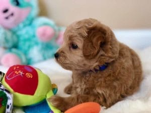 TEACUP GOLDENDOODLE PUPPIES, Precious Doodle Dogs, Teacup Doodle Dogs, Goldendoodle, Doodle Dog, Golden Doodle, Golden Doodle puppies, Golden Doodle Dogs, Puppy Golden Doodles, Puppy Goldendoodles, Golden Doodles, A Star is Born, A star is born goldendoodle, a star is born dog, Bradley Cooper's Dog, Bradley Cooper Dog, Bradley Cooper's Goldendoodle, Teddy Bear Goldendoodle, Teddy Bear Dog, Goldendoodle for sale, Goldendoodle puppies for sale, Miniature goldendoodle, goldendoodle puppies, mini goldendoodle, mini puppies, mini goldendoodle size, f1 goldendoodle, golden retriever poodle, chocolate goldendoodle, small doodles, goldendoodle temperament, goldendoodle colors, goldendoodle price, white goldendoodle, f2 goldendoodle, mini goldendoodle price, mini goldendoodle full grown, f1 mini goldendoodle, f1b goldendoodle, parti goldendoodle, goldendoodles near me, english goldendoodle, australian goldendoodle, red goldendoodle, doodle breeds, brown goldendoodle, goldendoodle cost, Precious Goldendoodle, Precious Golden Doodle, Precious Teacup Goldendoodle, adult mini goldendoodle, golden noodle dog, doodle dog breeds, miniature golden doodle, miniature puppies, golden retriever poodle mix, arizona goldendoodles, goldendoodle training, goldendoodle size, how big do mini goldendoodles get, goldendoodle full grown, baby goldendoodle, goldendoodle houston, golden doodles for sale, adult goldendoodle, apricot goldendoodle, goldendoodle grooming, mini golden doodles, goldendoodle shedding, f2b goldendoodle, goldendoodle hypoallergenic, goldendoodle names, english cream goldendoodle, golden retriever and poodle mix, mini goldendoodle puppies, micro goldendoodle, mini goldendoodle puppies for sale, miniature goldendoodle for sale, goldendoodle puppies for adoption, teddy bear goldendoodle, mini goldendoodle rescue, medium goldendoodle, black goldendoodle, mini goldendoodle for sale near me, goldendoodle puppies for sale near me, mini doodle, doodle puppies, mini goldendoodle for sale, goldendoodle breeders near me, miniature goldendoodle for sale near me, toy goldendoodle, petite goldendoodle, golden doodle dog, miniature goldendoodle puppies, mini goldendoodle puppies for sale near me, goldendoodles for sale near me, mini goldedoodle breeders, goldendoodle adoption, f1b mini goldendoodle, small goldendoodle, teacup goldendoodle, goldendoodle puppies near me, goldendoodle breeders, how to groom a goldendoodle, great doodle puppies, golden doodle mix, goldendoodle tampa, goldendoodle facts, white doodle dog, white goldendoodle puppy, mini goldendoodle maryland, country mini doodles, goldendoodle los angeles, toy labradoodle puppies for sale, types of goldendoodles, mini golden retriever puppies, golden goldendoodle, mini golden retriever puppies for sale, miniature australian goldendoodle, goldendoodle sacramento, goldendoodle omaha, labradoodle goldendoodle, f1 medium goldendoodle, BEST goldendoodles, pictures of mini goldendoodles, teacup goldendoodle full grown, micro mini goldendoodle full grown, toy goldendoodle price, goldendoodle chicago, retriever doodle, teacup goldendoodle puppies for sale, cute goldendoodle, mini teddy bear puppies, miniature goldendoodle full grown, f2 mini goldendoodle, goldendoodle spokane, mini goldendoodle chicago, micro mini goldendoodle, how nbig do miniature goldendoodles get, brown mini goldendoodle, mini doodle breeds, poodle doodle dog, what is a mini goldendoodle, black mini goldendoodle, mini irish doodle puppies for sale, f1b goldendoodle size, toy golden doodles, chocolate brown goldendoodle puppies for sale, petite goldendoodle full grown, goldendoodle behavior, american goldendoodle, f1b medium goldendoodle, goldendoodle puppy cost, cute goldendoodle puppies, goldendoodle indianapolis, teddy goldendoodle, mini goldendoodle weight, teddy bear golden doodles, f1b goldendoodle puppies for sale, miniature goldendoodle size, chocolate goldendoodle puppy, english cream mini goldendoodle, doodle puppies near me, red miniature goldendoodle, cream goldendoodle, goldendoodle puppy cut, mini goldendoodle hypoallergenic, dog breed goldendoodle, goldendoodle poodle mixes, goldendoodle allergies, goldendoodle info, sandy ridge goldendoodles, lakeshore goldendoodles, toy goldendoodle puppies for sale, labradoodle and goldendoodle, goldendoodle las vegas, goldendoodle phoenix, doodle breeders near me, miniature goldendoodle weight, black and white goldendoodle, sarasota goldendoodles, mini goldendoodle dallas, a goldendoodle, what is a goldendoodle, goldendoodle dallas, mini golden doodles for sale, ginger doodle puppy, how much does a mini goldendoodle cost, goldendoodle san antonio, goldendoodle photos, goldendoodle cuts, chocolate mini goldendoodle, all about goldendoodles, goldendoodle cincinnati, black doodle dog, goldendoodle weight, miniature goldendoodle breeders, goldendoodle information, miniature goldendoodle puppies for sale, doodle puppies for sale near me, black labradoodle puppies for sale, goldendoodle seattle, golden doodles near me, teacup goldendoodle for sale, golden retriever poodle puppy, goldendoodle rochester ny, goldendoodle and poodle mix, akc goldendoodle, goldendoodle kansas city, mini goldendoodle facts, goldendoodle austin, goldendoodle doodle, goldendoodle tulsa, curly goldendoodle, brown goldendoodle puppies, f1b labradoodle puppies for sale, red mini goldendoodle, goldendoodle poodle, chocolate goldendoodle for sale, tiny goldendoodle, goldendoodle puppies breeders, english goldendoodle puppies for sale, mini golden labradoodle, f1b mini teddy bear goldendoodles, red goldendoodle puppies for sale, miniature golden retriever breeders, f1 goldendoodles for sale, teacup goldendoodle puppies, toy mini goldendoodle, xs petite goldendoodle, f2 goldendoodle puppies for sale, mini goldendoodle cost, black goldendoodle for sale, english teddy bear goldendoodle, small doodle dogs, goldendoodle nashville, english goldendoodle puppies, golden retriever poodle mix for sale, red goldendoodle puppy, parti goldendoodles for sale, english cream goldendoodles for sale, doodle puppies for sale, golden retriever poodle mix puppies, goldendoodle tucson, f1b mini goldendoodle puppies for sale, mini goldendoodle breeders northeast, teddy bear goldendoodle, toy goldendoodle rescue, petite mini goldendoodle, goldendoodle stuff, mini goldendoodles near me, teddy bear goldendoodle puppies, f1 goldendoodle puppies, teddy bear goldendoodles for sale, silver goldendoodle, buy goldendoodle, mini golden doodle dog, teddy bear goldendoodles mini, micro mini goldendoodle puppies for sale, goldendoodle dogs for sale, best goldendoodle breeders, chocolate goldendoodle puppies for sale, doodle dogs for sale, toy goldendoodle puppies, mini doodle dog, toy goldendoodle breeders, doodles for sale, goldendoodle hypoallergenic dog, mini goldendoodle breeders near me, english goldendoodle breeders, f1b mini goldendoodle for sale, teacup goldendoodle price, petite goldendoodle for sale, mini english goldendoodle, mini goldendoodle info, miniature goldendoodle puppies for sale near me, black goldendoodle puppies for sale, f1 goldendoodle puppies for sale, Teacup Goldendoodles AL, Teacup Goldendoodles AK, Teacup Goldendoodles AZ, Teacup Goldendoodles AR, Teacup Goldendoodles CA, Teacup Goldendoodles CO, Teacup Goldendoodles CT, Teacup Goldendoodles DE, Teacup Goldendoodles FL, Teacup Goldendoodles GA, Teacup Goldendoodles HI, Teacup Goldendoodles ID, Teacup Goldendoodles IL, Teacup Goldendoodles IN, Teacup Goldendoodles IA, Teacup Goldendoodles KS, Teacup Goldendoodles KY, Teacup Goldendoodles LA, Teacup Goldendoodles ME, Teacup Goldendoodles MD, Teacup Goldendoodles MA, Teacup Goldendoodles MI, Teacup Goldendoodles MN, Teacup Goldendoodles MS, Teacup Goldendoodles MO, Teacup Goldendoodles MT, Teacup Goldendoodles NE, Teacup Goldendoodles NV, Teacup Goldendoodles NH, Teacup Goldendoodles NJ, Teacup Goldendoodles NM, Teacup Goldendoodles NY, Teacup Goldendoodles NC, Teacup Goldendoodles ND, Teacup Goldendoodles OH, Teacup Goldendoodles OK, Teacup Goldendoodles OR, Teacup Goldendoodles PA, Teacup Goldendoodles RI, Teacup Goldendoodles SC, Teacup Goldendoodles SD, Teacup Goldendoodles TN, Teacup Goldendoodles TX, Teacup Goldendoodles UT, Teacup Goldendoodles VT, Teacup Goldendoodles VA, Teacup Goldendoodles WA, Teacup Goldendoodles WV, Teacup Goldendoodles WI, Teacup Goldendoodles WY, Teacup Golden Doodles AL, Teacup Golden Doodles AK, Teacup Golden Doodles AZ, Teacup Golden Doodles AR, Teacup Golden Doodles CA, Teacup Golden Doodles CO, Teacup Golden Doodles CT, Teacup Golden Doodles DE, Teacup Golden Doodles FL, Teacup Golden Doodles GA, Teacup Golden Doodles HI, Teacup Golden Doodles ID, Teacup Golden Doodles IL, Teacup Golden Doodles IN, Teacup Golden Doodles IA, Teacup Golden Doodles KS, Teacup Golden Doodles KY, Teacup Golden Doodles LA, Teacup Golden Doodles ME, Teacup Golden Doodles MD, Teacup Golden Doodles MA, Teacup Golden Doodles MI, Teacup Golden Doodles MN, Teacup Golden Doodles MS, Teacup Golden Doodles MO, Teacup Golden Doodles MT, Teacup Golden Doodles NE, Teacup Golden Doodles NV, Teacup Golden Doodles NH, Teacup Golden Doodles NJ, Teacup Golden Doodles NM, Teacup Golden Doodles NY, Teacup Golden Doodles NC, Teacup Golden Doodles ND, Teacup Golden Doodles OH, Teacup Golden Doodles OK, Teacup Golden Doodles OR, Teacup Golden Doodles PA, Teacup Golden Doodles RI, Teacup Golden Doodles SC, Teacup Golden Doodles SD, Teacup Golden Doodles TN, Teacup Golden Doodles TX, Teacup Golden Doodles UT, Teacup Golden Doodles VT, Teacup Golden Doodles VA, Teacup Golden Doodles WA, Teacup Golden Doodles WV, Teacup Golden Doodles WI, Teacup Golden Doodles WY, Toy Goldendoodle Alabama, Toy Goldendoodle Alaska, Toy Goldendoodle Arizona, Toy Goldendoodle Arkansas, Toy Goldendoodle California, Toy Goldendoodle Colorado, Toy Goldendoodle Connecticut, Toy Goldendoodle Delaware, Toy Goldendoodle Florida, Toy Goldendoodle Georgia, Toy Goldendoodle Hawaii, Toy Goldendoodle Idaho, Toy Goldendoodle Illinois, Toy Goldendoodle Indiana, Toy Goldendoodle Iowa, Toy Goldendoodle Kansas, Toy Goldendoodle Kentucky, Toy Goldendoodle Louisiana, Toy Goldendoodle Maine, Toy Goldendoodle Maryland, Toy Goldendoodle Massachusetts, Toy Goldendoodle Michigan, Toy Goldendoodle Minnesota, Toy Goldendoodle Mississippi, Toy Goldendoodle Missouri, Toy Goldendoodle Montana, Toy Goldendoodle Nebraska, Toy Goldendoodle Nevada, Toy Goldendoodle New Hampshire, Toy Goldendoodle New Jersey, Toy Goldendoodle New Mexico, Toy Goldendoodle New York, Toy Goldendoodle North Carolina, Toy Goldendoodle North Dakota, Toy Goldendoodle Ohio, Toy Goldendoodle Oklahoma, Toy Goldendoodle Oregon, Toy Goldendoodle Pennsylvania, Toy Goldendoodle Rhode Island, Toy Goldendoodle South Carolina, Toy Goldendoodle South Dakota, Toy Goldendoodle Tennessee, Toy Goldendoodle Texas, Toy Goldendoodle Utah, Toy Goldendoodle Vermont, Toy Goldendoodle Virginia, Toy Goldendoodle Washington, Toy Goldendoodle West Virginia, Toy Goldendoodle Wisconsin, Toy Goldendoodle Wyoming, Golden Doodle Breeders AL, Golden Doodle Breeders AK, Golden Doodle Breeders AZ, Golden Doodle Breeders AR, Golden Doodle Breeders CA, Golden Doodle Breeders CO, Golden Doodle Breeders CT, Golden Doodle Breeders DE, Golden Doodle Breeders FL, Golden Doodle Breeders GA, Golden Doodle Breeders HI, Golden Doodle Breeders ID, Golden Doodle Breeders IL, Golden Doodle Breeders IN, Golden Doodle Breeders IA, Golden Doodle Breeders KS, Golden Doodle Breeders KY, Golden Doodle Breeders LA, Golden Doodle Breeders ME, Golden Doodle Breeders MD, Golden Doodle Breeders MA, Golden Doodle Breeders MI, Golden Doodle Breeders MN, Golden Doodle Breeders MS, Golden Doodle Breeders MO, Golden Doodle Breeders MT, Golden Doodle Breeders NE, Golden Doodle Breeders NV, Golden Doodle Breeders NH, Golden Doodle Breeders NJ, Golden Doodle Breeders NM, Golden Doodle Breeders NY, Golden Doodle Breeders NC, Golden Doodle Breeders ND, Golden Doodle Breeders OH, Golden Doodle Breeders OK, Golden Doodle Breeders OR, Golden Doodle Breeders PA, Golden Doodle Breeders RI, Golden Doodle Breeders SC, Golden Doodle Breeders SD, Golden Doodle Breeders TN, Golden Doodle Breeders TX, Golden Doodle Breeders UT, Golden Doodle Breeders VT, Golden Doodle Breeders VA, Golden Doodle Breeders WA, Golden Doodle Breeders WV, Golden Doodle Breeders WI, Golden Doodle Breeders WY, Golden Doodles for sale in AL, Golden Doodles for sale in AK, Golden Doodles for sale in AZ, Golden Doodles for sale in AR, Golden Doodles for sale in CA, Golden Doodles for sale in CO, Golden Doodles for sale in CT, Golden Doodles for sale in DE, Golden Doodles for sale in FL, Golden Doodles for sale in GA, Golden Doodles for sale in HI, Golden Doodles for sale in ID, Golden Doodles for sale in IL, Golden Doodles for sale in IN, Golden Doodles for sale in IA, Golden Doodles for sale in KS, Golden Doodles for sale in KY, Golden Doodles for sale in LA, Golden Doodles for sale in ME, Golden Doodles for sale in MD, Golden Doodles for sale in MA, Golden Doodles for sale in MI, Golden Doodles for sale in MN, Golden Doodles for sale in MS, Golden Doodles for sale in MO, Golden Doodles for sale in MT, Golden Doodles for sale in NE, Golden Doodles for sale in NV, Golden Doodles for sale in NH, Golden Doodles for sale in NJ, Golden Doodles for sale in NM, Golden Doodles for sale in NY, Golden Doodles for sale in NC, Golden Doodles for sale in ND, Golden Doodles for sale in OH, Golden Doodles for sale in OK, Golden Doodles for sale in OR, Golden Doodles for sale in PA, Golden Doodles for sale in RI, Golden Doodles for sale in SC, Golden Doodles for sale in SD, Golden Doodles for sale in TN, Golden Doodles for sale in TX, Golden Doodles for sale in UT, Golden Doodles for sale in VT, Golden Doodles for sale in VA, Golden Doodles for sale in WA, Golden Doodles for sale in WV, Golden Doodles for sale in WI, Golden Doodles for sale in WY, Goldendoodle Breeders AL, Goldendoodle Breeders AK, Goldendoodle Breeders AZ, Goldendoodle Breeders AR, Goldendoodle Breeders CA, Goldendoodle Breeders CO, Goldendoodle Breeders CT, Goldendoodle Breeders DE, Goldendoodle Breeders FL, Goldendoodle Breeders GA, Goldendoodle Breeders HI, Goldendoodle Breeders ID, Goldendoodle Breeders IL, Goldendoodle Breeders IN, Goldendoodle Breeders IA, Goldendoodle Breeders KS, Goldendoodle Breeders KY, Goldendoodle Breeders LA, Goldendoodle Breeders ME, Goldendoodle Breeders MD, Goldendoodle Breeders MA, Goldendoodle Breeders MI, Goldendoodle Breeders MN, Goldendoodle Breeders MS, Goldendoodle Breeders MO, Goldendoodle Breeders MT, Goldendoodle Breeders NE, Goldendoodle Breeders NV, Goldendoodle Breeders NH, Goldendoodle Breeders NJ, Goldendoodle Breeders NM, Goldendoodle Breeders NY, Goldendoodle Breeders NC, Goldendoodle Breeders ND, Goldendoodle Breeders OH, Goldendoodle Breeders OK, Goldendoodle Breeders OR, Goldendoodle Breeders PA, Goldendoodle Breeders RI, Goldendoodle Breeders SC, Goldendoodle Breeders SD, Goldendoodle Breeders TN, Goldendoodle Breeders TX, Goldendoodle Breeders UT, Goldendoodle Breeders VT, Goldendoodle Breeders VA, Goldendoodle Breeders WA, Goldendoodle Breeders WV, Goldendoodle Breeders WI, Goldendoodle Breeders WY, Goldendoodles for sale in AL, Goldendoodles for sale in AK, Goldendoodles for sale in AZ, Goldendoodles for sale in AR, Goldendoodles for sale in CA, Goldendoodles for sale in CO, Goldendoodles for sale in CT, Goldendoodles for sale in DE, Goldendoodles for sale in FL, Goldendoodles for sale in GA, Goldendoodles for sale in HI, Goldendoodles for sale in ID, Goldendoodles for sale in IL, Goldendoodles for sale in IN, Goldendoodles for sale in IA, Goldendoodles for sale in KS, Goldendoodles for sale in KY, Goldendoodles for sale in LA, Goldendoodles for sale in ME, Goldendoodles for sale in MD, Goldendoodles for sale in MA, Goldendoodles for sale in MI, Goldendoodles for sale in MN, Goldendoodles for sale in MS, Goldendoodles for sale in MO, Goldendoodles for sale in MT, Goldendoodles for sale in NE, Goldendoodles for sale in NV, Goldendoodles for sale in NH, Goldendoodles for sale in NJ, Goldendoodles for sale in NM, Goldendoodles for sale in NY, Goldendoodles for sale in NC, Goldendoodles for sale in ND, Goldendoodles for sale in OH, Goldendoodles for sale in OK, Goldendoodles for sale in OR, Goldendoodles for sale in PA, Goldendoodles for sale in RI, Goldendoodles for sale in SC, Goldendoodles for sale in SD, Goldendoodles for sale in TN, Goldendoodles for sale in TX, Goldendoodles for sale in UT, Goldendoodles for sale in VT, Goldendoodles for sale in VA, Goldendoodles for sale in WA, Goldendoodles for sale in WV, Goldendoodles for sale in WI, Goldendoodles for sale in WY,