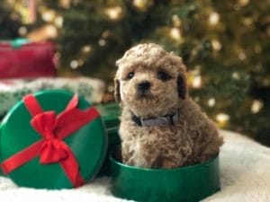 TEACUP GOLDENDOODLE PUPPIES, Precious Doodle Dogs, Teacup Doodle Dogs, Goldendoodle, Doodle Dog, Golden Doodle, Golden Doodle puppies, Golden Doodle Dogs, Puppy Golden Doodles, Puppy Goldendoodles, Golden Doodles, A Star is Born, A star is born goldendoodle, a star is born dog, Bradley Cooper's Dog, Bradley Cooper Dog, Bradley Cooper's Goldendoodle, Teddy Bear Goldendoodle, Teddy Bear Dog, Goldendoodle for sale, Goldendoodle puppies for sale, Miniature goldendoodle, goldendoodle puppies, mini goldendoodle, mini puppies, mini goldendoodle size, f1 goldendoodle, golden retriever poodle, chocolate goldendoodle, small doodles, goldendoodle temperament, goldendoodle colors, goldendoodle price, white goldendoodle, f2 goldendoodle, mini goldendoodle price, mini goldendoodle full grown, f1 mini goldendoodle, f1b goldendoodle, parti goldendoodle, goldendoodles near me, english goldendoodle, australian goldendoodle, red goldendoodle, doodle breeds, brown goldendoodle, goldendoodle cost, Precious Goldendoodle, Precious Golden Doodle, Precious Teacup Goldendoodle, adult mini goldendoodle, golden noodle dog, doodle dog breeds, miniature golden doodle, miniature puppies, golden retriever poodle mix, arizona goldendoodles, goldendoodle training, goldendoodle size, how big do mini goldendoodles get, goldendoodle full grown, baby goldendoodle, goldendoodle houston, golden doodles for sale, adult goldendoodle, apricot goldendoodle, goldendoodle grooming, mini golden doodles, goldendoodle shedding, f2b goldendoodle, goldendoodle hypoallergenic, goldendoodle names, english cream goldendoodle, golden retriever and poodle mix, mini goldendoodle puppies, micro goldendoodle, mini goldendoodle puppies for sale, miniature goldendoodle for sale, goldendoodle puppies for adoption, teddy bear goldendoodle, mini goldendoodle rescue, medium goldendoodle, black goldendoodle, mini goldendoodle for sale near me, goldendoodle puppies for sale near me, mini doodle, doodle puppies, mini goldendoodle for sale, goldendoodle breeders near me, miniature goldendoodle for sale near me, toy goldendoodle, petite goldendoodle, golden doodle dog, miniature goldendoodle puppies, mini goldendoodle puppies for sale near me, goldendoodles for sale near me, mini goldedoodle breeders, goldendoodle adoption, f1b mini goldendoodle, small goldendoodle, teacup goldendoodle, goldendoodle puppies near me, goldendoodle breeders, how to groom a goldendoodle, great doodle puppies, golden doodle mix, goldendoodle tampa, goldendoodle facts, white doodle dog, white goldendoodle puppy, mini goldendoodle maryland, country mini doodles, goldendoodle los angeles, toy labradoodle puppies for sale, types of goldendoodles, mini golden retriever puppies, golden goldendoodle, mini golden retriever puppies for sale, miniature australian goldendoodle, goldendoodle sacramento, goldendoodle omaha, labradoodle goldendoodle, f1 medium goldendoodle, BEST goldendoodles, pictures of mini goldendoodles, teacup goldendoodle full grown, micro mini goldendoodle full grown, toy goldendoodle price, goldendoodle chicago, retriever doodle, teacup goldendoodle puppies for sale, cute goldendoodle, mini teddy bear puppies, miniature goldendoodle full grown, f2 mini goldendoodle, goldendoodle spokane, mini goldendoodle chicago, micro mini goldendoodle, how nbig do miniature goldendoodles get, brown mini goldendoodle, mini doodle breeds, poodle doodle dog, what is a mini goldendoodle, black mini goldendoodle, mini irish doodle puppies for sale, f1b goldendoodle size, toy golden doodles, chocolate brown goldendoodle puppies for sale, petite goldendoodle full grown, goldendoodle behavior, american goldendoodle, f1b medium goldendoodle, goldendoodle puppy cost, cute goldendoodle puppies, goldendoodle indianapolis, teddy goldendoodle, mini goldendoodle weight, teddy bear golden doodles, f1b goldendoodle puppies for sale, miniature goldendoodle size, chocolate goldendoodle puppy, english cream mini goldendoodle, doodle puppies near me, red miniature goldendoodle, cream goldendoodle, goldendoodle puppy cut, mini goldendoodle hypoallergenic, dog breed goldendoodle, goldendoodle poodle mixes, goldendoodle allergies, goldendoodle info, sandy ridge goldendoodles, lakeshore goldendoodles, toy goldendoodle puppies for sale, labradoodle and goldendoodle, goldendoodle las vegas, goldendoodle phoenix, doodle breeders near me, miniature goldendoodle weight, black and white goldendoodle, sarasota goldendoodles, mini goldendoodle dallas, a goldendoodle, what is a goldendoodle, goldendoodle dallas, mini golden doodles for sale, ginger doodle puppy, how much does a mini goldendoodle cost, goldendoodle san antonio, goldendoodle photos, goldendoodle cuts, chocolate mini goldendoodle, all about goldendoodles, goldendoodle cincinnati, black doodle dog, goldendoodle weight, miniature goldendoodle breeders, goldendoodle information, miniature goldendoodle puppies for sale, doodle puppies for sale near me, black labradoodle puppies for sale, goldendoodle seattle, golden doodles near me, teacup goldendoodle for sale, golden retriever poodle puppy, goldendoodle rochester ny, goldendoodle and poodle mix, akc goldendoodle, goldendoodle kansas city, mini goldendoodle facts, goldendoodle austin, goldendoodle doodle, goldendoodle tulsa, curly goldendoodle, brown goldendoodle puppies, f1b labradoodle puppies for sale, red mini goldendoodle, goldendoodle poodle, chocolate goldendoodle for sale, tiny goldendoodle, goldendoodle puppies breeders, english goldendoodle puppies for sale, mini golden labradoodle, f1b mini teddy bear goldendoodles, red goldendoodle puppies for sale, miniature golden retriever breeders, f1 goldendoodles for sale, teacup goldendoodle puppies, toy mini goldendoodle, xs petite goldendoodle, f2 goldendoodle puppies for sale, mini goldendoodle cost, black goldendoodle for sale, english teddy bear goldendoodle, small doodle dogs, goldendoodle nashville, english goldendoodle puppies, golden retriever poodle mix for sale, red goldendoodle puppy, parti goldendoodles for sale, english cream goldendoodles for sale, doodle puppies for sale, golden retriever poodle mix puppies, goldendoodle tucson, f1b mini goldendoodle puppies for sale, mini goldendoodle breeders northeast, teddy bear goldendoodle, toy goldendoodle rescue, petite mini goldendoodle, goldendoodle stuff, mini goldendoodles near me, teddy bear goldendoodle puppies, f1 goldendoodle puppies, teddy bear goldendoodles for sale, silver goldendoodle, buy goldendoodle, mini golden doodle dog, teddy bear goldendoodles mini, micro mini goldendoodle puppies for sale, goldendoodle dogs for sale, best goldendoodle breeders, chocolate goldendoodle puppies for sale, doodle dogs for sale, toy goldendoodle puppies, mini doodle dog, toy goldendoodle breeders, doodles for sale, goldendoodle hypoallergenic dog, mini goldendoodle breeders near me, english goldendoodle breeders, f1b mini goldendoodle for sale, teacup goldendoodle price, petite goldendoodle for sale, mini english goldendoodle, mini goldendoodle info, miniature goldendoodle puppies for sale near me, black goldendoodle puppies for sale, f1 goldendoodle puppies for sale, Teacup Goldendoodles AL, Teacup Goldendoodles AK, Teacup Goldendoodles AZ, Teacup Goldendoodles AR, Teacup Goldendoodles CA, Teacup Goldendoodles CO, Teacup Goldendoodles CT, Teacup Goldendoodles DE, Teacup Goldendoodles FL, Teacup Goldendoodles GA, Teacup Goldendoodles HI, Teacup Goldendoodles ID, Teacup Goldendoodles IL, Teacup Goldendoodles IN, Teacup Goldendoodles IA, Teacup Goldendoodles KS, Teacup Goldendoodles KY, Teacup Goldendoodles LA, Teacup Goldendoodles ME, Teacup Goldendoodles MD, Teacup Goldendoodles MA, Teacup Goldendoodles MI, Teacup Goldendoodles MN, Teacup Goldendoodles MS, Teacup Goldendoodles MO, Teacup Goldendoodles MT, Teacup Goldendoodles NE, Teacup Goldendoodles NV, Teacup Goldendoodles NH, Teacup Goldendoodles NJ, Teacup Goldendoodles NM, Teacup Goldendoodles NY, Teacup Goldendoodles NC, Teacup Goldendoodles ND, Teacup Goldendoodles OH, Teacup Goldendoodles OK, Teacup Goldendoodles OR, Teacup Goldendoodles PA, Teacup Goldendoodles RI, Teacup Goldendoodles SC, Teacup Goldendoodles SD, Teacup Goldendoodles TN, Teacup Goldendoodles TX, Teacup Goldendoodles UT, Teacup Goldendoodles VT, Teacup Goldendoodles VA, Teacup Goldendoodles WA, Teacup Goldendoodles WV, Teacup Goldendoodles WI, Teacup Goldendoodles WY, Teacup Golden Doodles AL, Teacup Golden Doodles AK, Teacup Golden Doodles AZ, Teacup Golden Doodles AR, Teacup Golden Doodles CA, Teacup Golden Doodles CO, Teacup Golden Doodles CT, Teacup Golden Doodles DE, Teacup Golden Doodles FL, Teacup Golden Doodles GA, Teacup Golden Doodles HI, Teacup Golden Doodles ID, Teacup Golden Doodles IL, Teacup Golden Doodles IN, Teacup Golden Doodles IA, Teacup Golden Doodles KS, Teacup Golden Doodles KY, Teacup Golden Doodles LA, Teacup Golden Doodles ME, Teacup Golden Doodles MD, Teacup Golden Doodles MA, Teacup Golden Doodles MI, Teacup Golden Doodles MN, Teacup Golden Doodles MS, Teacup Golden Doodles MO, Teacup Golden Doodles MT, Teacup Golden Doodles NE, Teacup Golden Doodles NV, Teacup Golden Doodles NH, Teacup Golden Doodles NJ, Teacup Golden Doodles NM, Teacup Golden Doodles NY, Teacup Golden Doodles NC, Teacup Golden Doodles ND, Teacup Golden Doodles OH, Teacup Golden Doodles OK, Teacup Golden Doodles OR, Teacup Golden Doodles PA, Teacup Golden Doodles RI, Teacup Golden Doodles SC, Teacup Golden Doodles SD, Teacup Golden Doodles TN, Teacup Golden Doodles TX, Teacup Golden Doodles UT, Teacup Golden Doodles VT, Teacup Golden Doodles VA, Teacup Golden Doodles WA, Teacup Golden Doodles WV, Teacup Golden Doodles WI, Teacup Golden Doodles WY, Toy Goldendoodle Alabama, Toy Goldendoodle Alaska, Toy Goldendoodle Arizona, Toy Goldendoodle Arkansas, Toy Goldendoodle California, Toy Goldendoodle Colorado, Toy Goldendoodle Connecticut, Toy Goldendoodle Delaware, Toy Goldendoodle Florida, Toy Goldendoodle Georgia, Toy Goldendoodle Hawaii, Toy Goldendoodle Idaho, Toy Goldendoodle Illinois, Toy Goldendoodle Indiana, Toy Goldendoodle Iowa, Toy Goldendoodle Kansas, Toy Goldendoodle Kentucky, Toy Goldendoodle Louisiana, Toy Goldendoodle Maine, Toy Goldendoodle Maryland, Toy Goldendoodle Massachusetts, Toy Goldendoodle Michigan, Toy Goldendoodle Minnesota, Toy Goldendoodle Mississippi, Toy Goldendoodle Missouri, Toy Goldendoodle Montana, Toy Goldendoodle Nebraska, Toy Goldendoodle Nevada, Toy Goldendoodle New Hampshire, Toy Goldendoodle New Jersey, Toy Goldendoodle New Mexico, Toy Goldendoodle New York, Toy Goldendoodle North Carolina, Toy Goldendoodle North Dakota, Toy Goldendoodle Ohio, Toy Goldendoodle Oklahoma, Toy Goldendoodle Oregon, Toy Goldendoodle Pennsylvania, Toy Goldendoodle Rhode Island, Toy Goldendoodle South Carolina, Toy Goldendoodle South Dakota, Toy Goldendoodle Tennessee, Toy Goldendoodle Texas, Toy Goldendoodle Utah, Toy Goldendoodle Vermont, Toy Goldendoodle Virginia, Toy Goldendoodle Washington, Toy Goldendoodle West Virginia, Toy Goldendoodle Wisconsin, Toy Goldendoodle Wyoming, Golden Doodle Breeders AL, Golden Doodle Breeders AK, Golden Doodle Breeders AZ, Golden Doodle Breeders AR, Golden Doodle Breeders CA, Golden Doodle Breeders CO, Golden Doodle Breeders CT, Golden Doodle Breeders DE, Golden Doodle Breeders FL, Golden Doodle Breeders GA, Golden Doodle Breeders HI, Golden Doodle Breeders ID, Golden Doodle Breeders IL, Golden Doodle Breeders IN, Golden Doodle Breeders IA, Golden Doodle Breeders KS, Golden Doodle Breeders KY, Golden Doodle Breeders LA, Golden Doodle Breeders ME, Golden Doodle Breeders MD, Golden Doodle Breeders MA, Golden Doodle Breeders MI, Golden Doodle Breeders MN, Golden Doodle Breeders MS, Golden Doodle Breeders MO, Golden Doodle Breeders MT, Golden Doodle Breeders NE, Golden Doodle Breeders NV, Golden Doodle Breeders NH, Golden Doodle Breeders NJ, Golden Doodle Breeders NM, Golden Doodle Breeders NY, Golden Doodle Breeders NC, Golden Doodle Breeders ND, Golden Doodle Breeders OH, Golden Doodle Breeders OK, Golden Doodle Breeders OR, Golden Doodle Breeders PA, Golden Doodle Breeders RI, Golden Doodle Breeders SC, Golden Doodle Breeders SD, Golden Doodle Breeders TN, Golden Doodle Breeders TX, Golden Doodle Breeders UT, Golden Doodle Breeders VT, Golden Doodle Breeders VA, Golden Doodle Breeders WA, Golden Doodle Breeders WV, Golden Doodle Breeders WI, Golden Doodle Breeders WY, Golden Doodles for sale in AL, Golden Doodles for sale in AK, Golden Doodles for sale in AZ, Golden Doodles for sale in AR, Golden Doodles for sale in CA, Golden Doodles for sale in CO, Golden Doodles for sale in CT, Golden Doodles for sale in DE, Golden Doodles for sale in FL, Golden Doodles for sale in GA, Golden Doodles for sale in HI, Golden Doodles for sale in ID, Golden Doodles for sale in IL, Golden Doodles for sale in IN, Golden Doodles for sale in IA, Golden Doodles for sale in KS, Golden Doodles for sale in KY, Golden Doodles for sale in LA, Golden Doodles for sale in ME, Golden Doodles for sale in MD, Golden Doodles for sale in MA, Golden Doodles for sale in MI, Golden Doodles for sale in MN, Golden Doodles for sale in MS, Golden Doodles for sale in MO, Golden Doodles for sale in MT, Golden Doodles for sale in NE, Golden Doodles for sale in NV, Golden Doodles for sale in NH, Golden Doodles for sale in NJ, Golden Doodles for sale in NM, Golden Doodles for sale in NY, Golden Doodles for sale in NC, Golden Doodles for sale in ND, Golden Doodles for sale in OH, Golden Doodles for sale in OK, Golden Doodles for sale in OR, Golden Doodles for sale in PA, Golden Doodles for sale in RI, Golden Doodles for sale in SC, Golden Doodles for sale in SD, Golden Doodles for sale in TN, Golden Doodles for sale in TX, Golden Doodles for sale in UT, Golden Doodles for sale in VT, Golden Doodles for sale in VA, Golden Doodles for sale in WA, Golden Doodles for sale in WV, Golden Doodles for sale in WI, Golden Doodles for sale in WY, Goldendoodle Breeders AL, Goldendoodle Breeders AK, Goldendoodle Breeders AZ, Goldendoodle Breeders AR, Goldendoodle Breeders CA, Goldendoodle Breeders CO, Goldendoodle Breeders CT, Goldendoodle Breeders DE, Goldendoodle Breeders FL, Goldendoodle Breeders GA, Goldendoodle Breeders HI, Goldendoodle Breeders ID, Goldendoodle Breeders IL, Goldendoodle Breeders IN, Goldendoodle Breeders IA, Goldendoodle Breeders KS, Goldendoodle Breeders KY, Goldendoodle Breeders LA, Goldendoodle Breeders ME, Goldendoodle Breeders MD, Goldendoodle Breeders MA, Goldendoodle Breeders MI, Goldendoodle Breeders MN, Goldendoodle Breeders MS, Goldendoodle Breeders MO, Goldendoodle Breeders MT, Goldendoodle Breeders NE, Goldendoodle Breeders NV, Goldendoodle Breeders NH, Goldendoodle Breeders NJ, Goldendoodle Breeders NM, Goldendoodle Breeders NY, Goldendoodle Breeders NC, Goldendoodle Breeders ND, Goldendoodle Breeders OH, Goldendoodle Breeders OK, Goldendoodle Breeders OR, Goldendoodle Breeders PA, Goldendoodle Breeders RI, Goldendoodle Breeders SC, Goldendoodle Breeders SD, Goldendoodle Breeders TN, Goldendoodle Breeders TX, Goldendoodle Breeders UT, Goldendoodle Breeders VT, Goldendoodle Breeders VA, Goldendoodle Breeders WA, Goldendoodle Breeders WV, Goldendoodle Breeders WI, Goldendoodle Breeders WY, Goldendoodles for sale in AL, Goldendoodles for sale in AK, Goldendoodles for sale in AZ, Goldendoodles for sale in AR, Goldendoodles for sale in CA, Goldendoodles for sale in CO, Goldendoodles for sale in CT, Goldendoodles for sale in DE, Goldendoodles for sale in FL, Goldendoodles for sale in GA, Goldendoodles for sale in HI, Goldendoodles for sale in ID, Goldendoodles for sale in IL, Goldendoodles for sale in IN, Goldendoodles for sale in IA, Goldendoodles for sale in KS, Goldendoodles for sale in KY, Goldendoodles for sale in LA, Goldendoodles for sale in ME, Goldendoodles for sale in MD, Goldendoodles for sale in MA, Goldendoodles for sale in MI, Goldendoodles for sale in MN, Goldendoodles for sale in MS, Goldendoodles for sale in MO, Goldendoodles for sale in MT, Goldendoodles for sale in NE, Goldendoodles for sale in NV, Goldendoodles for sale in NH, Goldendoodles for sale in NJ, Goldendoodles for sale in NM, Goldendoodles for sale in NY, Goldendoodles for sale in NC, Goldendoodles for sale in ND, Goldendoodles for sale in OH, Goldendoodles for sale in OK, Goldendoodles for sale in OR, Goldendoodles for sale in PA, Goldendoodles for sale in RI, Goldendoodles for sale in SC, Goldendoodles for sale in SD, Goldendoodles for sale in TN, Goldendoodles for sale in TX, Goldendoodles for sale in UT, Goldendoodles for sale in VT, Goldendoodles for sale in VA, Goldendoodles for sale in WA, Goldendoodles for sale in WV, Goldendoodles for sale in WI, Goldendoodles for sale in WY,