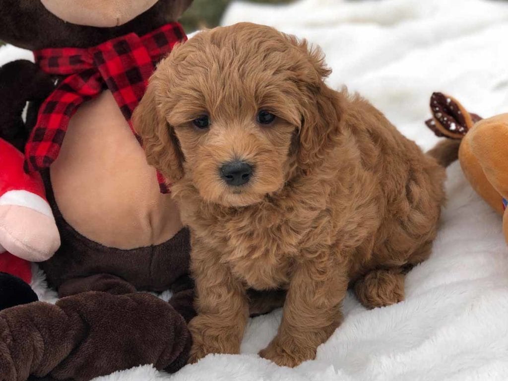TEACUP GOLDENDOODLE PUPPIES, Precious Doodle Dogs, Teacup Doodle Dogs, Goldendoodle, Doodle Dog, Golden Doodle, Golden Doodle puppies, Golden Doodle Dogs, Puppy Golden Doodles, Puppy Goldendoodles, Golden Doodles, A Star is Born, A star is born goldendoodle, a star is born dog, Bradley Cooper's Dog, Bradley Cooper Dog, Bradley Cooper's Goldendoodle, Teddy Bear Goldendoodle, Teddy Bear Dog, Goldendoodle for sale, Goldendoodle puppies for sale, Miniature goldendoodle, goldendoodle puppies, mini goldendoodle, mini puppies, mini goldendoodle size, f1 goldendoodle, golden retriever poodle, chocolate goldendoodle, small doodles, goldendoodle temperament, goldendoodle colors, goldendoodle price, white goldendoodle, f2 goldendoodle, mini goldendoodle price, mini goldendoodle full grown, f1 mini goldendoodle, f1b goldendoodle, parti goldendoodle, goldendoodles near me, english goldendoodle, australian goldendoodle, red goldendoodle, doodle breeds, brown goldendoodle, goldendoodle cost, Precious Goldendoodle, Precious Golden Doodle, Precious Teacup Goldendoodle, adult mini goldendoodle, golden noodle dog, doodle dog breeds, miniature golden doodle, miniature puppies, golden retriever poodle mix, arizona goldendoodles, goldendoodle training, goldendoodle size, how big do mini goldendoodles get, goldendoodle full grown, baby goldendoodle, goldendoodle houston, golden doodles for sale, adult goldendoodle, apricot goldendoodle, goldendoodle grooming, mini golden doodles, goldendoodle shedding, f2b goldendoodle, goldendoodle hypoallergenic, goldendoodle names, english cream goldendoodle, golden retriever and poodle mix, mini goldendoodle puppies, micro goldendoodle, mini goldendoodle puppies for sale, miniature goldendoodle for sale, goldendoodle puppies for adoption, teddy bear goldendoodle, mini goldendoodle rescue, medium goldendoodle, black goldendoodle, mini goldendoodle for sale near me, goldendoodle puppies for sale near me, mini doodle, doodle puppies, mini goldendoodle for sale, goldendoodle breeders near me, miniature goldendoodle for sale near me, toy goldendoodle, petite goldendoodle, golden doodle dog, miniature goldendoodle puppies, mini goldendoodle puppies for sale near me, goldendoodles for sale near me, mini goldedoodle breeders, goldendoodle adoption, f1b mini goldendoodle, small goldendoodle, teacup goldendoodle, goldendoodle puppies near me, goldendoodle breeders, how to groom a goldendoodle, great doodle puppies, golden doodle mix, goldendoodle tampa, goldendoodle facts, white doodle dog, white goldendoodle puppy, mini goldendoodle maryland, country mini doodles, goldendoodle los angeles, toy labradoodle puppies for sale, types of goldendoodles, mini golden retriever puppies, golden goldendoodle, mini golden retriever puppies for sale, miniature australian goldendoodle, goldendoodle sacramento, goldendoodle omaha, labradoodle goldendoodle, f1 medium goldendoodle, BEST goldendoodles, pictures of mini goldendoodles, teacup goldendoodle full grown, micro mini goldendoodle full grown, toy goldendoodle price, goldendoodle chicago, retriever doodle, teacup goldendoodle puppies for sale, cute goldendoodle, mini teddy bear puppies, miniature goldendoodle full grown, f2 mini goldendoodle, goldendoodle spokane, mini goldendoodle chicago, micro mini goldendoodle, how nbig do miniature goldendoodles get, brown mini goldendoodle, mini doodle breeds, poodle doodle dog, what is a mini goldendoodle, black mini goldendoodle, mini irish doodle puppies for sale, f1b goldendoodle size, toy golden doodles, chocolate brown goldendoodle puppies for sale, petite goldendoodle full grown, goldendoodle behavior, american goldendoodle, f1b medium goldendoodle, goldendoodle puppy cost, cute goldendoodle puppies, goldendoodle indianapolis, teddy goldendoodle, mini goldendoodle weight, teddy bear golden doodles, f1b goldendoodle puppies for sale, miniature goldendoodle size, chocolate goldendoodle puppy, english cream mini goldendoodle, doodle puppies near me, red miniature goldendoodle, cream goldendoodle, goldendoodle puppy cut, mini goldendoodle hypoallergenic, dog breed goldendoodle, goldendoodle poodle mixes, goldendoodle allergies, goldendoodle info, sandy ridge goldendoodles, lakeshore goldendoodles, toy goldendoodle puppies for sale, labradoodle and goldendoodle, goldendoodle las vegas, goldendoodle phoenix, doodle breeders near me, miniature goldendoodle weight, black and white goldendoodle, sarasota goldendoodles, mini goldendoodle dallas, a goldendoodle, what is a goldendoodle, goldendoodle dallas, mini golden doodles for sale, ginger doodle puppy, how much does a mini goldendoodle cost, goldendoodle san antonio, goldendoodle photos, goldendoodle cuts, chocolate mini goldendoodle, all about goldendoodles, goldendoodle cincinnati, black doodle dog, goldendoodle weight, miniature goldendoodle breeders, goldendoodle information, miniature goldendoodle puppies for sale, doodle puppies for sale near me, black labradoodle puppies for sale, goldendoodle seattle, golden doodles near me, teacup goldendoodle for sale, golden retriever poodle puppy, goldendoodle rochester ny, goldendoodle and poodle mix, akc goldendoodle, goldendoodle kansas city, mini goldendoodle facts, goldendoodle austin, goldendoodle doodle, goldendoodle tulsa, curly goldendoodle, brown goldendoodle puppies, f1b labradoodle puppies for sale, red mini goldendoodle, goldendoodle poodle, chocolate goldendoodle for sale, tiny goldendoodle, goldendoodle puppies breeders, english goldendoodle puppies for sale, mini golden labradoodle, f1b mini teddy bear goldendoodles, red goldendoodle puppies for sale, miniature golden retriever breeders, f1 goldendoodles for sale, teacup goldendoodle puppies, toy mini goldendoodle, xs petite goldendoodle, f2 goldendoodle puppies for sale, mini goldendoodle cost, black goldendoodle for sale, english teddy bear goldendoodle, small doodle dogs, goldendoodle nashville, english goldendoodle puppies, golden retriever poodle mix for sale, red goldendoodle puppy, parti goldendoodles for sale, english cream goldendoodles for sale, doodle puppies for sale, golden retriever poodle mix puppies, goldendoodle tucson, f1b mini goldendoodle puppies for sale, mini goldendoodle breeders northeast, teddy bear goldendoodle, toy goldendoodle rescue, petite mini goldendoodle, goldendoodle stuff, mini goldendoodles near me, teddy bear goldendoodle puppies, f1 goldendoodle puppies, teddy bear goldendoodles for sale, silver goldendoodle, buy goldendoodle, mini golden doodle dog, teddy bear goldendoodles mini, micro mini goldendoodle puppies for sale, goldendoodle dogs for sale, best goldendoodle breeders, chocolate goldendoodle puppies for sale, doodle dogs for sale, toy goldendoodle puppies, mini doodle dog, toy goldendoodle breeders, doodles for sale, goldendoodle hypoallergenic dog, mini goldendoodle breeders near me, english goldendoodle breeders, f1b mini goldendoodle for sale, teacup goldendoodle price, petite goldendoodle for sale, mini english goldendoodle, mini goldendoodle info, miniature goldendoodle puppies for sale near me, black goldendoodle puppies for sale, f1 goldendoodle puppies for sale, Teacup Goldendoodles AL, Teacup Goldendoodles AK, Teacup Goldendoodles AZ, Teacup Goldendoodles AR, Teacup Goldendoodles CA, Teacup Goldendoodles CO, Teacup Goldendoodles CT, Teacup Goldendoodles DE, Teacup Goldendoodles FL, Teacup Goldendoodles GA, Teacup Goldendoodles HI, Teacup Goldendoodles ID, Teacup Goldendoodles IL, Teacup Goldendoodles IN, Teacup Goldendoodles IA, Teacup Goldendoodles KS, Teacup Goldendoodles KY, Teacup Goldendoodles LA, Teacup Goldendoodles ME, Teacup Goldendoodles MD, Teacup Goldendoodles MA, Teacup Goldendoodles MI, Teacup Goldendoodles MN, Teacup Goldendoodles MS, Teacup Goldendoodles MO, Teacup Goldendoodles MT, Teacup Goldendoodles NE, Teacup Goldendoodles NV, Teacup Goldendoodles NH, Teacup Goldendoodles NJ, Teacup Goldendoodles NM, Teacup Goldendoodles NY, Teacup Goldendoodles NC, Teacup Goldendoodles ND, Teacup Goldendoodles OH, Teacup Goldendoodles OK, Teacup Goldendoodles OR, Teacup Goldendoodles PA, Teacup Goldendoodles RI, Teacup Goldendoodles SC, Teacup Goldendoodles SD, Teacup Goldendoodles TN, Teacup Goldendoodles TX, Teacup Goldendoodles UT, Teacup Goldendoodles VT, Teacup Goldendoodles VA, Teacup Goldendoodles WA, Teacup Goldendoodles WV, Teacup Goldendoodles WI, Teacup Goldendoodles WY, Teacup Golden Doodles AL, Teacup Golden Doodles AK, Teacup Golden Doodles AZ, Teacup Golden Doodles AR, Teacup Golden Doodles CA, Teacup Golden Doodles CO, Teacup Golden Doodles CT, Teacup Golden Doodles DE, Teacup Golden Doodles FL, Teacup Golden Doodles GA, Teacup Golden Doodles HI, Teacup Golden Doodles ID, Teacup Golden Doodles IL, Teacup Golden Doodles IN, Teacup Golden Doodles IA, Teacup Golden Doodles KS, Teacup Golden Doodles KY, Teacup Golden Doodles LA, Teacup Golden Doodles ME, Teacup Golden Doodles MD, Teacup Golden Doodles MA, Teacup Golden Doodles MI, Teacup Golden Doodles MN, Teacup Golden Doodles MS, Teacup Golden Doodles MO, Teacup Golden Doodles MT, Teacup Golden Doodles NE, Teacup Golden Doodles NV, Teacup Golden Doodles NH, Teacup Golden Doodles NJ, Teacup Golden Doodles NM, Teacup Golden Doodles NY, Teacup Golden Doodles NC, Teacup Golden Doodles ND, Teacup Golden Doodles OH, Teacup Golden Doodles OK, Teacup Golden Doodles OR, Teacup Golden Doodles PA, Teacup Golden Doodles RI, Teacup Golden Doodles SC, Teacup Golden Doodles SD, Teacup Golden Doodles TN, Teacup Golden Doodles TX, Teacup Golden Doodles UT, Teacup Golden Doodles VT, Teacup Golden Doodles VA, Teacup Golden Doodles WA, Teacup Golden Doodles WV, Teacup Golden Doodles WI, Teacup Golden Doodles WY, Toy Goldendoodle Alabama, Toy Goldendoodle Alaska, Toy Goldendoodle Arizona, Toy Goldendoodle Arkansas, Toy Goldendoodle California, Toy Goldendoodle Colorado, Toy Goldendoodle Connecticut, Toy Goldendoodle Delaware, Toy Goldendoodle Florida, Toy Goldendoodle Georgia, Toy Goldendoodle Hawaii, Toy Goldendoodle Idaho, Toy Goldendoodle Illinois, Toy Goldendoodle Indiana, Toy Goldendoodle Iowa, Toy Goldendoodle Kansas, Toy Goldendoodle Kentucky, Toy Goldendoodle Louisiana, Toy Goldendoodle Maine, Toy Goldendoodle Maryland, Toy Goldendoodle Massachusetts, Toy Goldendoodle Michigan, Toy Goldendoodle Minnesota, Toy Goldendoodle Mississippi, Toy Goldendoodle Missouri, Toy Goldendoodle Montana, Toy Goldendoodle Nebraska, Toy Goldendoodle Nevada, Toy Goldendoodle New Hampshire, Toy Goldendoodle New Jersey, Toy Goldendoodle New Mexico, Toy Goldendoodle New York, Toy Goldendoodle North Carolina, Toy Goldendoodle North Dakota, Toy Goldendoodle Ohio, Toy Goldendoodle Oklahoma, Toy Goldendoodle Oregon, Toy Goldendoodle Pennsylvania, Toy Goldendoodle Rhode Island, Toy Goldendoodle South Carolina, Toy Goldendoodle South Dakota, Toy Goldendoodle Tennessee, Toy Goldendoodle Texas, Toy Goldendoodle Utah, Toy Goldendoodle Vermont, Toy Goldendoodle Virginia, Toy Goldendoodle Washington, Toy Goldendoodle West Virginia, Toy Goldendoodle Wisconsin, Toy Goldendoodle Wyoming, Golden Doodle Breeders AL, Golden Doodle Breeders AK, Golden Doodle Breeders AZ, Golden Doodle Breeders AR, Golden Doodle Breeders CA, Golden Doodle Breeders CO, Golden Doodle Breeders CT, Golden Doodle Breeders DE, Golden Doodle Breeders FL, Golden Doodle Breeders GA, Golden Doodle Breeders HI, Golden Doodle Breeders ID, Golden Doodle Breeders IL, Golden Doodle Breeders IN, Golden Doodle Breeders IA, Golden Doodle Breeders KS, Golden Doodle Breeders KY, Golden Doodle Breeders LA, Golden Doodle Breeders ME, Golden Doodle Breeders MD, Golden Doodle Breeders MA, Golden Doodle Breeders MI, Golden Doodle Breeders MN, Golden Doodle Breeders MS, Golden Doodle Breeders MO, Golden Doodle Breeders MT, Golden Doodle Breeders NE, Golden Doodle Breeders NV, Golden Doodle Breeders NH, Golden Doodle Breeders NJ, Golden Doodle Breeders NM, Golden Doodle Breeders NY, Golden Doodle Breeders NC, Golden Doodle Breeders ND, Golden Doodle Breeders OH, Golden Doodle Breeders OK, Golden Doodle Breeders OR, Golden Doodle Breeders PA, Golden Doodle Breeders RI, Golden Doodle Breeders SC, Golden Doodle Breeders SD, Golden Doodle Breeders TN, Golden Doodle Breeders TX, Golden Doodle Breeders UT, Golden Doodle Breeders VT, Golden Doodle Breeders VA, Golden Doodle Breeders WA, Golden Doodle Breeders WV, Golden Doodle Breeders WI, Golden Doodle Breeders WY, Golden Doodles for sale in AL, Golden Doodles for sale in AK, Golden Doodles for sale in AZ, Golden Doodles for sale in AR, Golden Doodles for sale in CA, Golden Doodles for sale in CO, Golden Doodles for sale in CT, Golden Doodles for sale in DE, Golden Doodles for sale in FL, Golden Doodles for sale in GA, Golden Doodles for sale in HI, Golden Doodles for sale in ID, Golden Doodles for sale in IL, Golden Doodles for sale in IN, Golden Doodles for sale in IA, Golden Doodles for sale in KS, Golden Doodles for sale in KY, Golden Doodles for sale in LA, Golden Doodles for sale in ME, Golden Doodles for sale in MD, Golden Doodles for sale in MA, Golden Doodles for sale in MI, Golden Doodles for sale in MN, Golden Doodles for sale in MS, Golden Doodles for sale in MO, Golden Doodles for sale in MT, Golden Doodles for sale in NE, Golden Doodles for sale in NV, Golden Doodles for sale in NH, Golden Doodles for sale in NJ, Golden Doodles for sale in NM, Golden Doodles for sale in NY, Golden Doodles for sale in NC, Golden Doodles for sale in ND, Golden Doodles for sale in OH, Golden Doodles for sale in OK, Golden Doodles for sale in OR, Golden Doodles for sale in PA, Golden Doodles for sale in RI, Golden Doodles for sale in SC, Golden Doodles for sale in SD, Golden Doodles for sale in TN, Golden Doodles for sale in TX, Golden Doodles for sale in UT, Golden Doodles for sale in VT, Golden Doodles for sale in VA, Golden Doodles for sale in WA, Golden Doodles for sale in WV, Golden Doodles for sale in WI, Golden Doodles for sale in WY, Goldendoodle Breeders AL, Goldendoodle Breeders AK, Goldendoodle Breeders AZ, Goldendoodle Breeders AR, Goldendoodle Breeders CA, Goldendoodle Breeders CO, Goldendoodle Breeders CT, Goldendoodle Breeders DE, Goldendoodle Breeders FL, Goldendoodle Breeders GA, Goldendoodle Breeders HI, Goldendoodle Breeders ID, Goldendoodle Breeders IL, Goldendoodle Breeders IN, Goldendoodle Breeders IA, Goldendoodle Breeders KS, Goldendoodle Breeders KY, Goldendoodle Breeders LA, Goldendoodle Breeders ME, Goldendoodle Breeders MD, Goldendoodle Breeders MA, Goldendoodle Breeders MI, Goldendoodle Breeders MN, Goldendoodle Breeders MS, Goldendoodle Breeders MO, Goldendoodle Breeders MT, Goldendoodle Breeders NE, Goldendoodle Breeders NV, Goldendoodle Breeders NH, Goldendoodle Breeders NJ, Goldendoodle Breeders NM, Goldendoodle Breeders NY, Goldendoodle Breeders NC, Goldendoodle Breeders ND, Goldendoodle Breeders OH, Goldendoodle Breeders OK, Goldendoodle Breeders OR, Goldendoodle Breeders PA, Goldendoodle Breeders RI, Goldendoodle Breeders SC, Goldendoodle Breeders SD, Goldendoodle Breeders TN, Goldendoodle Breeders TX, Goldendoodle Breeders UT, Goldendoodle Breeders VT, Goldendoodle Breeders VA, Goldendoodle Breeders WA, Goldendoodle Breeders WV, Goldendoodle Breeders WI, Goldendoodle Breeders WY, Goldendoodles for sale in AL, Goldendoodles for sale in AK, Goldendoodles for sale in AZ, Goldendoodles for sale in AR, Goldendoodles for sale in CA, Goldendoodles for sale in CO, Goldendoodles for sale in CT, Goldendoodles for sale in DE, Goldendoodles for sale in FL, Goldendoodles for sale in GA, Goldendoodles for sale in HI, Goldendoodles for sale in ID, Goldendoodles for sale in IL, Goldendoodles for sale in IN, Goldendoodles for sale in IA, Goldendoodles for sale in KS, Goldendoodles for sale in KY, Goldendoodles for sale in LA, Goldendoodles for sale in ME, Goldendoodles for sale in MD, Goldendoodles for sale in MA, Goldendoodles for sale in MI, Goldendoodles for sale in MN, Goldendoodles for sale in MS, Goldendoodles for sale in MO, Goldendoodles for sale in MT, Goldendoodles for sale in NE, Goldendoodles for sale in NV, Goldendoodles for sale in NH, Goldendoodles for sale in NJ, Goldendoodles for sale in NM, Goldendoodles for sale in NY, Goldendoodles for sale in NC, Goldendoodles for sale in ND, Goldendoodles for sale in OH, Goldendoodles for sale in OK, Goldendoodles for sale in OR, Goldendoodles for sale in PA, Goldendoodles for sale in RI, Goldendoodles for sale in SC, Goldendoodles for sale in SD, Goldendoodles for sale in TN, Goldendoodles for sale in TX, Goldendoodles for sale in UT, Goldendoodles for sale in VT, Goldendoodles for sale in VA, Goldendoodles for sale in WA, Goldendoodles for sale in WV, Goldendoodles for sale in WI, Goldendoodles for sale in WY,
