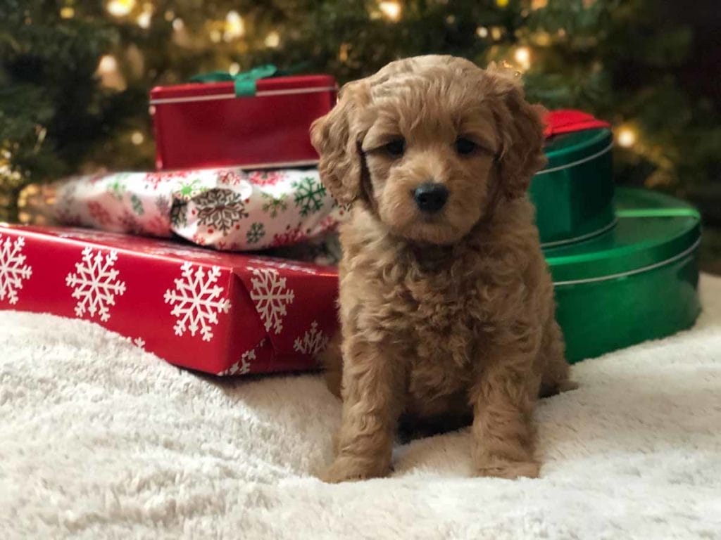 TEACUP GOLDENDOODLE PUPPIES, Precious Doodle Dogs, Teacup Doodle Dogs, Goldendoodle, Doodle Dog, Golden Doodle, Golden Doodle puppies, Golden Doodle Dogs, Puppy Golden Doodles, Puppy Goldendoodles, Golden Doodles, A Star is Born, A star is born goldendoodle, a star is born dog, Bradley Cooper's Dog, Bradley Cooper Dog, Bradley Cooper's Goldendoodle, Teddy Bear Goldendoodle, Teddy Bear Dog, Goldendoodle for sale, Goldendoodle puppies for sale, Miniature goldendoodle, goldendoodle puppies, mini goldendoodle, mini puppies, mini goldendoodle size, f1 goldendoodle, golden retriever poodle, chocolate goldendoodle, small doodles, goldendoodle temperament, goldendoodle colors, goldendoodle price, white goldendoodle, f2 goldendoodle, mini goldendoodle price, mini goldendoodle full grown, f1 mini goldendoodle, f1b goldendoodle, parti goldendoodle, goldendoodles near me, english goldendoodle, australian goldendoodle, red goldendoodle, doodle breeds, brown goldendoodle, goldendoodle cost, Precious Goldendoodle, Precious Golden Doodle, Precious Teacup Goldendoodle, adult mini goldendoodle, golden noodle dog, doodle dog breeds, miniature golden doodle, miniature puppies, golden retriever poodle mix, arizona goldendoodles, goldendoodle training, goldendoodle size, how big do mini goldendoodles get, goldendoodle full grown, baby goldendoodle, goldendoodle houston, golden doodles for sale, adult goldendoodle, apricot goldendoodle, goldendoodle grooming, mini golden doodles, goldendoodle shedding, f2b goldendoodle, goldendoodle hypoallergenic, goldendoodle names, english cream goldendoodle, golden retriever and poodle mix, mini goldendoodle puppies, micro goldendoodle, mini goldendoodle puppies for sale, miniature goldendoodle for sale, goldendoodle puppies for adoption, teddy bear goldendoodle, mini goldendoodle rescue, medium goldendoodle, black goldendoodle, mini goldendoodle for sale near me, goldendoodle puppies for sale near me, mini doodle, doodle puppies, mini goldendoodle for sale, goldendoodle breeders near me, miniature goldendoodle for sale near me, toy goldendoodle, petite goldendoodle, golden doodle dog, miniature goldendoodle puppies, mini goldendoodle puppies for sale near me, goldendoodles for sale near me, mini goldedoodle breeders, goldendoodle adoption, f1b mini goldendoodle, small goldendoodle, teacup goldendoodle, goldendoodle puppies near me, goldendoodle breeders, how to groom a goldendoodle, great doodle puppies, golden doodle mix, goldendoodle tampa, goldendoodle facts, white doodle dog, white goldendoodle puppy, mini goldendoodle maryland, country mini doodles, goldendoodle los angeles, toy labradoodle puppies for sale, types of goldendoodles, mini golden retriever puppies, golden goldendoodle, mini golden retriever puppies for sale, miniature australian goldendoodle, goldendoodle sacramento, goldendoodle omaha, labradoodle goldendoodle, f1 medium goldendoodle, BEST goldendoodles, pictures of mini goldendoodles, teacup goldendoodle full grown, micro mini goldendoodle full grown, toy goldendoodle price, goldendoodle chicago, retriever doodle, teacup goldendoodle puppies for sale, cute goldendoodle, mini teddy bear puppies, miniature goldendoodle full grown, f2 mini goldendoodle, goldendoodle spokane, mini goldendoodle chicago, micro mini goldendoodle, how nbig do miniature goldendoodles get, brown mini goldendoodle, mini doodle breeds, poodle doodle dog, what is a mini goldendoodle, black mini goldendoodle, mini irish doodle puppies for sale, f1b goldendoodle size, toy golden doodles, chocolate brown goldendoodle puppies for sale, petite goldendoodle full grown, goldendoodle behavior, american goldendoodle, f1b medium goldendoodle, goldendoodle puppy cost, cute goldendoodle puppies, goldendoodle indianapolis, teddy goldendoodle, mini goldendoodle weight, teddy bear golden doodles, f1b goldendoodle puppies for sale, miniature goldendoodle size, chocolate goldendoodle puppy, english cream mini goldendoodle, doodle puppies near me, red miniature goldendoodle, cream goldendoodle, goldendoodle puppy cut, mini goldendoodle hypoallergenic, dog breed goldendoodle, goldendoodle poodle mixes, goldendoodle allergies, goldendoodle info, sandy ridge goldendoodles, lakeshore goldendoodles, toy goldendoodle puppies for sale, labradoodle and goldendoodle, goldendoodle las vegas, goldendoodle phoenix, doodle breeders near me, miniature goldendoodle weight, black and white goldendoodle, sarasota goldendoodles, mini goldendoodle dallas, a goldendoodle, what is a goldendoodle, goldendoodle dallas, mini golden doodles for sale, ginger doodle puppy, how much does a mini goldendoodle cost, goldendoodle san antonio, goldendoodle photos, goldendoodle cuts, chocolate mini goldendoodle, all about goldendoodles, goldendoodle cincinnati, black doodle dog, goldendoodle weight, miniature goldendoodle breeders, goldendoodle information, miniature goldendoodle puppies for sale, doodle puppies for sale near me, black labradoodle puppies for sale, goldendoodle seattle, golden doodles near me, teacup goldendoodle for sale, golden retriever poodle puppy, goldendoodle rochester ny, goldendoodle and poodle mix, akc goldendoodle, goldendoodle kansas city, mini goldendoodle facts, goldendoodle austin, goldendoodle doodle, goldendoodle tulsa, curly goldendoodle, brown goldendoodle puppies, f1b labradoodle puppies for sale, red mini goldendoodle, goldendoodle poodle, chocolate goldendoodle for sale, tiny goldendoodle, goldendoodle puppies breeders, english goldendoodle puppies for sale, mini golden labradoodle, f1b mini teddy bear goldendoodles, red goldendoodle puppies for sale, miniature golden retriever breeders, f1 goldendoodles for sale, teacup goldendoodle puppies, toy mini goldendoodle, xs petite goldendoodle, f2 goldendoodle puppies for sale, mini goldendoodle cost, black goldendoodle for sale, english teddy bear goldendoodle, small doodle dogs, goldendoodle nashville, english goldendoodle puppies, golden retriever poodle mix for sale, red goldendoodle puppy, parti goldendoodles for sale, english cream goldendoodles for sale, doodle puppies for sale, golden retriever poodle mix puppies, goldendoodle tucson, f1b mini goldendoodle puppies for sale, mini goldendoodle breeders northeast, teddy bear goldendoodle, toy goldendoodle rescue, petite mini goldendoodle, goldendoodle stuff, mini goldendoodles near me, teddy bear goldendoodle puppies, f1 goldendoodle puppies, teddy bear goldendoodles for sale, silver goldendoodle, buy goldendoodle, mini golden doodle dog, teddy bear goldendoodles mini, micro mini goldendoodle puppies for sale, goldendoodle dogs for sale, best goldendoodle breeders, chocolate goldendoodle puppies for sale, doodle dogs for sale, toy goldendoodle puppies, mini doodle dog, toy goldendoodle breeders, doodles for sale, goldendoodle hypoallergenic dog, mini goldendoodle breeders near me, english goldendoodle breeders, f1b mini goldendoodle for sale, teacup goldendoodle price, petite goldendoodle for sale, mini english goldendoodle, mini goldendoodle info, miniature goldendoodle puppies for sale near me, black goldendoodle puppies for sale, f1 goldendoodle puppies for sale, Teacup Goldendoodles AL, Teacup Goldendoodles AK, Teacup Goldendoodles AZ, Teacup Goldendoodles AR, Teacup Goldendoodles CA, Teacup Goldendoodles CO, Teacup Goldendoodles CT, Teacup Goldendoodles DE, Teacup Goldendoodles FL, Teacup Goldendoodles GA, Teacup Goldendoodles HI, Teacup Goldendoodles ID, Teacup Goldendoodles IL, Teacup Goldendoodles IN, Teacup Goldendoodles IA, Teacup Goldendoodles KS, Teacup Goldendoodles KY, Teacup Goldendoodles LA, Teacup Goldendoodles ME, Teacup Goldendoodles MD, Teacup Goldendoodles MA, Teacup Goldendoodles MI, Teacup Goldendoodles MN, Teacup Goldendoodles MS, Teacup Goldendoodles MO, Teacup Goldendoodles MT, Teacup Goldendoodles NE, Teacup Goldendoodles NV, Teacup Goldendoodles NH, Teacup Goldendoodles NJ, Teacup Goldendoodles NM, Teacup Goldendoodles NY, Teacup Goldendoodles NC, Teacup Goldendoodles ND, Teacup Goldendoodles OH, Teacup Goldendoodles OK, Teacup Goldendoodles OR, Teacup Goldendoodles PA, Teacup Goldendoodles RI, Teacup Goldendoodles SC, Teacup Goldendoodles SD, Teacup Goldendoodles TN, Teacup Goldendoodles TX, Teacup Goldendoodles UT, Teacup Goldendoodles VT, Teacup Goldendoodles VA, Teacup Goldendoodles WA, Teacup Goldendoodles WV, Teacup Goldendoodles WI, Teacup Goldendoodles WY, Teacup Golden Doodles AL, Teacup Golden Doodles AK, Teacup Golden Doodles AZ, Teacup Golden Doodles AR, Teacup Golden Doodles CA, Teacup Golden Doodles CO, Teacup Golden Doodles CT, Teacup Golden Doodles DE, Teacup Golden Doodles FL, Teacup Golden Doodles GA, Teacup Golden Doodles HI, Teacup Golden Doodles ID, Teacup Golden Doodles IL, Teacup Golden Doodles IN, Teacup Golden Doodles IA, Teacup Golden Doodles KS, Teacup Golden Doodles KY, Teacup Golden Doodles LA, Teacup Golden Doodles ME, Teacup Golden Doodles MD, Teacup Golden Doodles MA, Teacup Golden Doodles MI, Teacup Golden Doodles MN, Teacup Golden Doodles MS, Teacup Golden Doodles MO, Teacup Golden Doodles MT, Teacup Golden Doodles NE, Teacup Golden Doodles NV, Teacup Golden Doodles NH, Teacup Golden Doodles NJ, Teacup Golden Doodles NM, Teacup Golden Doodles NY, Teacup Golden Doodles NC, Teacup Golden Doodles ND, Teacup Golden Doodles OH, Teacup Golden Doodles OK, Teacup Golden Doodles OR, Teacup Golden Doodles PA, Teacup Golden Doodles RI, Teacup Golden Doodles SC, Teacup Golden Doodles SD, Teacup Golden Doodles TN, Teacup Golden Doodles TX, Teacup Golden Doodles UT, Teacup Golden Doodles VT, Teacup Golden Doodles VA, Teacup Golden Doodles WA, Teacup Golden Doodles WV, Teacup Golden Doodles WI, Teacup Golden Doodles WY, Toy Goldendoodle Alabama, Toy Goldendoodle Alaska, Toy Goldendoodle Arizona, Toy Goldendoodle Arkansas, Toy Goldendoodle California, Toy Goldendoodle Colorado, Toy Goldendoodle Connecticut, Toy Goldendoodle Delaware, Toy Goldendoodle Florida, Toy Goldendoodle Georgia, Toy Goldendoodle Hawaii, Toy Goldendoodle Idaho, Toy Goldendoodle Illinois, Toy Goldendoodle Indiana, Toy Goldendoodle Iowa, Toy Goldendoodle Kansas, Toy Goldendoodle Kentucky, Toy Goldendoodle Louisiana, Toy Goldendoodle Maine, Toy Goldendoodle Maryland, Toy Goldendoodle Massachusetts, Toy Goldendoodle Michigan, Toy Goldendoodle Minnesota, Toy Goldendoodle Mississippi, Toy Goldendoodle Missouri, Toy Goldendoodle Montana, Toy Goldendoodle Nebraska, Toy Goldendoodle Nevada, Toy Goldendoodle New Hampshire, Toy Goldendoodle New Jersey, Toy Goldendoodle New Mexico, Toy Goldendoodle New York, Toy Goldendoodle North Carolina, Toy Goldendoodle North Dakota, Toy Goldendoodle Ohio, Toy Goldendoodle Oklahoma, Toy Goldendoodle Oregon, Toy Goldendoodle Pennsylvania, Toy Goldendoodle Rhode Island, Toy Goldendoodle South Carolina, Toy Goldendoodle South Dakota, Toy Goldendoodle Tennessee, Toy Goldendoodle Texas, Toy Goldendoodle Utah, Toy Goldendoodle Vermont, Toy Goldendoodle Virginia, Toy Goldendoodle Washington, Toy Goldendoodle West Virginia, Toy Goldendoodle Wisconsin, Toy Goldendoodle Wyoming, Golden Doodle Breeders AL, Golden Doodle Breeders AK, Golden Doodle Breeders AZ, Golden Doodle Breeders AR, Golden Doodle Breeders CA, Golden Doodle Breeders CO, Golden Doodle Breeders CT, Golden Doodle Breeders DE, Golden Doodle Breeders FL, Golden Doodle Breeders GA, Golden Doodle Breeders HI, Golden Doodle Breeders ID, Golden Doodle Breeders IL, Golden Doodle Breeders IN, Golden Doodle Breeders IA, Golden Doodle Breeders KS, Golden Doodle Breeders KY, Golden Doodle Breeders LA, Golden Doodle Breeders ME, Golden Doodle Breeders MD, Golden Doodle Breeders MA, Golden Doodle Breeders MI, Golden Doodle Breeders MN, Golden Doodle Breeders MS, Golden Doodle Breeders MO, Golden Doodle Breeders MT, Golden Doodle Breeders NE, Golden Doodle Breeders NV, Golden Doodle Breeders NH, Golden Doodle Breeders NJ, Golden Doodle Breeders NM, Golden Doodle Breeders NY, Golden Doodle Breeders NC, Golden Doodle Breeders ND, Golden Doodle Breeders OH, Golden Doodle Breeders OK, Golden Doodle Breeders OR, Golden Doodle Breeders PA, Golden Doodle Breeders RI, Golden Doodle Breeders SC, Golden Doodle Breeders SD, Golden Doodle Breeders TN, Golden Doodle Breeders TX, Golden Doodle Breeders UT, Golden Doodle Breeders VT, Golden Doodle Breeders VA, Golden Doodle Breeders WA, Golden Doodle Breeders WV, Golden Doodle Breeders WI, Golden Doodle Breeders WY, Golden Doodles for sale in AL, Golden Doodles for sale in AK, Golden Doodles for sale in AZ, Golden Doodles for sale in AR, Golden Doodles for sale in CA, Golden Doodles for sale in CO, Golden Doodles for sale in CT, Golden Doodles for sale in DE, Golden Doodles for sale in FL, Golden Doodles for sale in GA, Golden Doodles for sale in HI, Golden Doodles for sale in ID, Golden Doodles for sale in IL, Golden Doodles for sale in IN, Golden Doodles for sale in IA, Golden Doodles for sale in KS, Golden Doodles for sale in KY, Golden Doodles for sale in LA, Golden Doodles for sale in ME, Golden Doodles for sale in MD, Golden Doodles for sale in MA, Golden Doodles for sale in MI, Golden Doodles for sale in MN, Golden Doodles for sale in MS, Golden Doodles for sale in MO, Golden Doodles for sale in MT, Golden Doodles for sale in NE, Golden Doodles for sale in NV, Golden Doodles for sale in NH, Golden Doodles for sale in NJ, Golden Doodles for sale in NM, Golden Doodles for sale in NY, Golden Doodles for sale in NC, Golden Doodles for sale in ND, Golden Doodles for sale in OH, Golden Doodles for sale in OK, Golden Doodles for sale in OR, Golden Doodles for sale in PA, Golden Doodles for sale in RI, Golden Doodles for sale in SC, Golden Doodles for sale in SD, Golden Doodles for sale in TN, Golden Doodles for sale in TX, Golden Doodles for sale in UT, Golden Doodles for sale in VT, Golden Doodles for sale in VA, Golden Doodles for sale in WA, Golden Doodles for sale in WV, Golden Doodles for sale in WI, Golden Doodles for sale in WY, Goldendoodle Breeders AL, Goldendoodle Breeders AK, Goldendoodle Breeders AZ, Goldendoodle Breeders AR, Goldendoodle Breeders CA, Goldendoodle Breeders CO, Goldendoodle Breeders CT, Goldendoodle Breeders DE, Goldendoodle Breeders FL, Goldendoodle Breeders GA, Goldendoodle Breeders HI, Goldendoodle Breeders ID, Goldendoodle Breeders IL, Goldendoodle Breeders IN, Goldendoodle Breeders IA, Goldendoodle Breeders KS, Goldendoodle Breeders KY, Goldendoodle Breeders LA, Goldendoodle Breeders ME, Goldendoodle Breeders MD, Goldendoodle Breeders MA, Goldendoodle Breeders MI, Goldendoodle Breeders MN, Goldendoodle Breeders MS, Goldendoodle Breeders MO, Goldendoodle Breeders MT, Goldendoodle Breeders NE, Goldendoodle Breeders NV, Goldendoodle Breeders NH, Goldendoodle Breeders NJ, Goldendoodle Breeders NM, Goldendoodle Breeders NY, Goldendoodle Breeders NC, Goldendoodle Breeders ND, Goldendoodle Breeders OH, Goldendoodle Breeders OK, Goldendoodle Breeders OR, Goldendoodle Breeders PA, Goldendoodle Breeders RI, Goldendoodle Breeders SC, Goldendoodle Breeders SD, Goldendoodle Breeders TN, Goldendoodle Breeders TX, Goldendoodle Breeders UT, Goldendoodle Breeders VT, Goldendoodle Breeders VA, Goldendoodle Breeders WA, Goldendoodle Breeders WV, Goldendoodle Breeders WI, Goldendoodle Breeders WY, Goldendoodles for sale in AL, Goldendoodles for sale in AK, Goldendoodles for sale in AZ, Goldendoodles for sale in AR, Goldendoodles for sale in CA, Goldendoodles for sale in CO, Goldendoodles for sale in CT, Goldendoodles for sale in DE, Goldendoodles for sale in FL, Goldendoodles for sale in GA, Goldendoodles for sale in HI, Goldendoodles for sale in ID, Goldendoodles for sale in IL, Goldendoodles for sale in IN, Goldendoodles for sale in IA, Goldendoodles for sale in KS, Goldendoodles for sale in KY, Goldendoodles for sale in LA, Goldendoodles for sale in ME, Goldendoodles for sale in MD, Goldendoodles for sale in MA, Goldendoodles for sale in MI, Goldendoodles for sale in MN, Goldendoodles for sale in MS, Goldendoodles for sale in MO, Goldendoodles for sale in MT, Goldendoodles for sale in NE, Goldendoodles for sale in NV, Goldendoodles for sale in NH, Goldendoodles for sale in NJ, Goldendoodles for sale in NM, Goldendoodles for sale in NY, Goldendoodles for sale in NC, Goldendoodles for sale in ND, Goldendoodles for sale in OH, Goldendoodles for sale in OK, Goldendoodles for sale in OR, Goldendoodles for sale in PA, Goldendoodles for sale in RI, Goldendoodles for sale in SC, Goldendoodles for sale in SD, Goldendoodles for sale in TN, Goldendoodles for sale in TX, Goldendoodles for sale in UT, Goldendoodles for sale in VT, Goldendoodles for sale in VA, Goldendoodles for sale in WA, Goldendoodles for sale in WV, Goldendoodles for sale in WI, Goldendoodles for sale in WY,