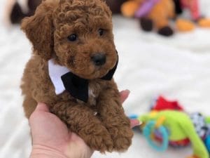 TEACUP GOLDENDOODLE PUPPIES, Precious Doodle Dogs, Teacup Doodle Dogs, Goldendoodle, Doodle Dog, Golden Doodle, Golden Doodle puppies, Golden Doodle Dogs, Puppy Golden Doodles, Puppy Goldendoodles, Golden Doodles, A Star is Born, A star is born goldendoodle, a star is born dog, Bradley Cooper's Dog, Bradley Cooper Dog, Bradley Cooper's Goldendoodle, Teddy Bear Goldendoodle, Teddy Bear Dog, Goldendoodle for sale, Goldendoodle puppies for sale, Miniature goldendoodle, goldendoodle puppies, mini goldendoodle, mini puppies, mini goldendoodle size, f1 goldendoodle, golden retriever poodle, chocolate goldendoodle, small doodles, goldendoodle temperament, goldendoodle colors, goldendoodle price, white goldendoodle, f2 goldendoodle, mini goldendoodle price, mini goldendoodle full grown, f1 mini goldendoodle, f1b goldendoodle, parti goldendoodle, goldendoodles near me, english goldendoodle, australian goldendoodle, red goldendoodle, doodle breeds, brown goldendoodle, goldendoodle cost, Precious Goldendoodle, Precious Golden Doodle, Precious Teacup Goldendoodle, adult mini goldendoodle, golden noodle dog, doodle dog breeds, miniature golden doodle, miniature puppies, golden retriever poodle mix, arizona goldendoodles, goldendoodle training, goldendoodle size, how big do mini goldendoodles get, goldendoodle full grown, baby goldendoodle, goldendoodle houston, golden doodles for sale, adult goldendoodle, apricot goldendoodle, goldendoodle grooming, mini golden doodles, goldendoodle shedding, f2b goldendoodle, goldendoodle hypoallergenic, goldendoodle names, english cream goldendoodle, golden retriever and poodle mix, mini goldendoodle puppies, micro goldendoodle, mini goldendoodle puppies for sale, miniature goldendoodle for sale, goldendoodle puppies for adoption, teddy bear goldendoodle, mini goldendoodle rescue, medium goldendoodle, black goldendoodle, mini goldendoodle for sale near me, goldendoodle puppies for sale near me, mini doodle, doodle puppies, mini goldendoodle for sale, goldendoodle breeders near me, miniature goldendoodle for sale near me, toy goldendoodle, petite goldendoodle, golden doodle dog, miniature goldendoodle puppies, mini goldendoodle puppies for sale near me, goldendoodles for sale near me, mini goldedoodle breeders, goldendoodle adoption, f1b mini goldendoodle, small goldendoodle, teacup goldendoodle, goldendoodle puppies near me, goldendoodle breeders, how to groom a goldendoodle, great doodle puppies, golden doodle mix, goldendoodle tampa, goldendoodle facts, white doodle dog, white goldendoodle puppy, mini goldendoodle maryland, country mini doodles, goldendoodle los angeles, toy labradoodle puppies for sale, types of goldendoodles, mini golden retriever puppies, golden goldendoodle, mini golden retriever puppies for sale, miniature australian goldendoodle, goldendoodle sacramento, goldendoodle omaha, labradoodle goldendoodle, f1 medium goldendoodle, BEST goldendoodles, pictures of mini goldendoodles, teacup goldendoodle full grown, micro mini goldendoodle full grown, toy goldendoodle price, goldendoodle chicago, retriever doodle, teacup goldendoodle puppies for sale, cute goldendoodle, mini teddy bear puppies, miniature goldendoodle full grown, f2 mini goldendoodle, goldendoodle spokane, mini goldendoodle chicago, micro mini goldendoodle, how nbig do miniature goldendoodles get, brown mini goldendoodle, mini doodle breeds, poodle doodle dog, what is a mini goldendoodle, black mini goldendoodle, mini irish doodle puppies for sale, f1b goldendoodle size, toy golden doodles, chocolate brown goldendoodle puppies for sale, petite goldendoodle full grown, goldendoodle behavior, american goldendoodle, f1b medium goldendoodle, goldendoodle puppy cost, cute goldendoodle puppies, goldendoodle indianapolis, teddy goldendoodle, mini goldendoodle weight, teddy bear golden doodles, f1b goldendoodle puppies for sale, miniature goldendoodle size, chocolate goldendoodle puppy, english cream mini goldendoodle, doodle puppies near me, red miniature goldendoodle, cream goldendoodle, goldendoodle puppy cut, mini goldendoodle hypoallergenic, dog breed goldendoodle, goldendoodle poodle mixes, goldendoodle allergies, goldendoodle info, sandy ridge goldendoodles, lakeshore goldendoodles, toy goldendoodle puppies for sale, labradoodle and goldendoodle, goldendoodle las vegas, goldendoodle phoenix, doodle breeders near me, miniature goldendoodle weight, black and white goldendoodle, sarasota goldendoodles, mini goldendoodle dallas, a goldendoodle, what is a goldendoodle, goldendoodle dallas, mini golden doodles for sale, ginger doodle puppy, how much does a mini goldendoodle cost, goldendoodle san antonio, goldendoodle photos, goldendoodle cuts, chocolate mini goldendoodle, all about goldendoodles, goldendoodle cincinnati, black doodle dog, goldendoodle weight, miniature goldendoodle breeders, goldendoodle information, miniature goldendoodle puppies for sale, doodle puppies for sale near me, black labradoodle puppies for sale, goldendoodle seattle, golden doodles near me, teacup goldendoodle for sale, golden retriever poodle puppy, goldendoodle rochester ny, goldendoodle and poodle mix, akc goldendoodle, goldendoodle kansas city, mini goldendoodle facts, goldendoodle austin, goldendoodle doodle, goldendoodle tulsa, curly goldendoodle, brown goldendoodle puppies, f1b labradoodle puppies for sale, red mini goldendoodle, goldendoodle poodle, chocolate goldendoodle for sale, tiny goldendoodle, goldendoodle puppies breeders, english goldendoodle puppies for sale, mini golden labradoodle, f1b mini teddy bear goldendoodles, red goldendoodle puppies for sale, miniature golden retriever breeders, f1 goldendoodles for sale, teacup goldendoodle puppies, toy mini goldendoodle, xs petite goldendoodle, f2 goldendoodle puppies for sale, mini goldendoodle cost, black goldendoodle for sale, english teddy bear goldendoodle, small doodle dogs, goldendoodle nashville, english goldendoodle puppies, golden retriever poodle mix for sale, red goldendoodle puppy, parti goldendoodles for sale, english cream goldendoodles for sale, doodle puppies for sale, golden retriever poodle mix puppies, goldendoodle tucson, f1b mini goldendoodle puppies for sale, mini goldendoodle breeders northeast, teddy bear goldendoodle, toy goldendoodle rescue, petite mini goldendoodle, goldendoodle stuff, mini goldendoodles near me, teddy bear goldendoodle puppies, f1 goldendoodle puppies, teddy bear goldendoodles for sale, silver goldendoodle, buy goldendoodle, mini golden doodle dog, teddy bear goldendoodles mini, micro mini goldendoodle puppies for sale, goldendoodle dogs for sale, best goldendoodle breeders, chocolate goldendoodle puppies for sale, doodle dogs for sale, toy goldendoodle puppies, mini doodle dog, toy goldendoodle breeders, doodles for sale, goldendoodle hypoallergenic dog, mini goldendoodle breeders near me, english goldendoodle breeders, f1b mini goldendoodle for sale, teacup goldendoodle price, petite goldendoodle for sale, mini english goldendoodle, mini goldendoodle info, miniature goldendoodle puppies for sale near me, black goldendoodle puppies for sale, f1 goldendoodle puppies for sale, Teacup Goldendoodles AL, Teacup Goldendoodles AK, Teacup Goldendoodles AZ, Teacup Goldendoodles AR, Teacup Goldendoodles CA, Teacup Goldendoodles CO, Teacup Goldendoodles CT, Teacup Goldendoodles DE, Teacup Goldendoodles FL, Teacup Goldendoodles GA, Teacup Goldendoodles HI, Teacup Goldendoodles ID, Teacup Goldendoodles IL, Teacup Goldendoodles IN, Teacup Goldendoodles IA, Teacup Goldendoodles KS, Teacup Goldendoodles KY, Teacup Goldendoodles LA, Teacup Goldendoodles ME, Teacup Goldendoodles MD, Teacup Goldendoodles MA, Teacup Goldendoodles MI, Teacup Goldendoodles MN, Teacup Goldendoodles MS, Teacup Goldendoodles MO, Teacup Goldendoodles MT, Teacup Goldendoodles NE, Teacup Goldendoodles NV, Teacup Goldendoodles NH, Teacup Goldendoodles NJ, Teacup Goldendoodles NM, Teacup Goldendoodles NY, Teacup Goldendoodles NC, Teacup Goldendoodles ND, Teacup Goldendoodles OH, Teacup Goldendoodles OK, Teacup Goldendoodles OR, Teacup Goldendoodles PA, Teacup Goldendoodles RI, Teacup Goldendoodles SC, Teacup Goldendoodles SD, Teacup Goldendoodles TN, Teacup Goldendoodles TX, Teacup Goldendoodles UT, Teacup Goldendoodles VT, Teacup Goldendoodles VA, Teacup Goldendoodles WA, Teacup Goldendoodles WV, Teacup Goldendoodles WI, Teacup Goldendoodles WY, Teacup Golden Doodles AL, Teacup Golden Doodles AK, Teacup Golden Doodles AZ, Teacup Golden Doodles AR, Teacup Golden Doodles CA, Teacup Golden Doodles CO, Teacup Golden Doodles CT, Teacup Golden Doodles DE, Teacup Golden Doodles FL, Teacup Golden Doodles GA, Teacup Golden Doodles HI, Teacup Golden Doodles ID, Teacup Golden Doodles IL, Teacup Golden Doodles IN, Teacup Golden Doodles IA, Teacup Golden Doodles KS, Teacup Golden Doodles KY, Teacup Golden Doodles LA, Teacup Golden Doodles ME, Teacup Golden Doodles MD, Teacup Golden Doodles MA, Teacup Golden Doodles MI, Teacup Golden Doodles MN, Teacup Golden Doodles MS, Teacup Golden Doodles MO, Teacup Golden Doodles MT, Teacup Golden Doodles NE, Teacup Golden Doodles NV, Teacup Golden Doodles NH, Teacup Golden Doodles NJ, Teacup Golden Doodles NM, Teacup Golden Doodles NY, Teacup Golden Doodles NC, Teacup Golden Doodles ND, Teacup Golden Doodles OH, Teacup Golden Doodles OK, Teacup Golden Doodles OR, Teacup Golden Doodles PA, Teacup Golden Doodles RI, Teacup Golden Doodles SC, Teacup Golden Doodles SD, Teacup Golden Doodles TN, Teacup Golden Doodles TX, Teacup Golden Doodles UT, Teacup Golden Doodles VT, Teacup Golden Doodles VA, Teacup Golden Doodles WA, Teacup Golden Doodles WV, Teacup Golden Doodles WI, Teacup Golden Doodles WY, Toy Goldendoodle Alabama, Toy Goldendoodle Alaska, Toy Goldendoodle Arizona, Toy Goldendoodle Arkansas, Toy Goldendoodle California, Toy Goldendoodle Colorado, Toy Goldendoodle Connecticut, Toy Goldendoodle Delaware, Toy Goldendoodle Florida, Toy Goldendoodle Georgia, Toy Goldendoodle Hawaii, Toy Goldendoodle Idaho, Toy Goldendoodle Illinois, Toy Goldendoodle Indiana, Toy Goldendoodle Iowa, Toy Goldendoodle Kansas, Toy Goldendoodle Kentucky, Toy Goldendoodle Louisiana, Toy Goldendoodle Maine, Toy Goldendoodle Maryland, Toy Goldendoodle Massachusetts, Toy Goldendoodle Michigan, Toy Goldendoodle Minnesota, Toy Goldendoodle Mississippi, Toy Goldendoodle Missouri, Toy Goldendoodle Montana, Toy Goldendoodle Nebraska, Toy Goldendoodle Nevada, Toy Goldendoodle New Hampshire, Toy Goldendoodle New Jersey, Toy Goldendoodle New Mexico, Toy Goldendoodle New York, Toy Goldendoodle North Carolina, Toy Goldendoodle North Dakota, Toy Goldendoodle Ohio, Toy Goldendoodle Oklahoma, Toy Goldendoodle Oregon, Toy Goldendoodle Pennsylvania, Toy Goldendoodle Rhode Island, Toy Goldendoodle South Carolina, Toy Goldendoodle South Dakota, Toy Goldendoodle Tennessee, Toy Goldendoodle Texas, Toy Goldendoodle Utah, Toy Goldendoodle Vermont, Toy Goldendoodle Virginia, Toy Goldendoodle Washington, Toy Goldendoodle West Virginia, Toy Goldendoodle Wisconsin, Toy Goldendoodle Wyoming, Golden Doodle Breeders AL, Golden Doodle Breeders AK, Golden Doodle Breeders AZ, Golden Doodle Breeders AR, Golden Doodle Breeders CA, Golden Doodle Breeders CO, Golden Doodle Breeders CT, Golden Doodle Breeders DE, Golden Doodle Breeders FL, Golden Doodle Breeders GA, Golden Doodle Breeders HI, Golden Doodle Breeders ID, Golden Doodle Breeders IL, Golden Doodle Breeders IN, Golden Doodle Breeders IA, Golden Doodle Breeders KS, Golden Doodle Breeders KY, Golden Doodle Breeders LA, Golden Doodle Breeders ME, Golden Doodle Breeders MD, Golden Doodle Breeders MA, Golden Doodle Breeders MI, Golden Doodle Breeders MN, Golden Doodle Breeders MS, Golden Doodle Breeders MO, Golden Doodle Breeders MT, Golden Doodle Breeders NE, Golden Doodle Breeders NV, Golden Doodle Breeders NH, Golden Doodle Breeders NJ, Golden Doodle Breeders NM, Golden Doodle Breeders NY, Golden Doodle Breeders NC, Golden Doodle Breeders ND, Golden Doodle Breeders OH, Golden Doodle Breeders OK, Golden Doodle Breeders OR, Golden Doodle Breeders PA, Golden Doodle Breeders RI, Golden Doodle Breeders SC, Golden Doodle Breeders SD, Golden Doodle Breeders TN, Golden Doodle Breeders TX, Golden Doodle Breeders UT, Golden Doodle Breeders VT, Golden Doodle Breeders VA, Golden Doodle Breeders WA, Golden Doodle Breeders WV, Golden Doodle Breeders WI, Golden Doodle Breeders WY, Golden Doodles for sale in AL, Golden Doodles for sale in AK, Golden Doodles for sale in AZ, Golden Doodles for sale in AR, Golden Doodles for sale in CA, Golden Doodles for sale in CO, Golden Doodles for sale in CT, Golden Doodles for sale in DE, Golden Doodles for sale in FL, Golden Doodles for sale in GA, Golden Doodles for sale in HI, Golden Doodles for sale in ID, Golden Doodles for sale in IL, Golden Doodles for sale in IN, Golden Doodles for sale in IA, Golden Doodles for sale in KS, Golden Doodles for sale in KY, Golden Doodles for sale in LA, Golden Doodles for sale in ME, Golden Doodles for sale in MD, Golden Doodles for sale in MA, Golden Doodles for sale in MI, Golden Doodles for sale in MN, Golden Doodles for sale in MS, Golden Doodles for sale in MO, Golden Doodles for sale in MT, Golden Doodles for sale in NE, Golden Doodles for sale in NV, Golden Doodles for sale in NH, Golden Doodles for sale in NJ, Golden Doodles for sale in NM, Golden Doodles for sale in NY, Golden Doodles for sale in NC, Golden Doodles for sale in ND, Golden Doodles for sale in OH, Golden Doodles for sale in OK, Golden Doodles for sale in OR, Golden Doodles for sale in PA, Golden Doodles for sale in RI, Golden Doodles for sale in SC, Golden Doodles for sale in SD, Golden Doodles for sale in TN, Golden Doodles for sale in TX, Golden Doodles for sale in UT, Golden Doodles for sale in VT, Golden Doodles for sale in VA, Golden Doodles for sale in WA, Golden Doodles for sale in WV, Golden Doodles for sale in WI, Golden Doodles for sale in WY, Goldendoodle Breeders AL, Goldendoodle Breeders AK, Goldendoodle Breeders AZ, Goldendoodle Breeders AR, Goldendoodle Breeders CA, Goldendoodle Breeders CO, Goldendoodle Breeders CT, Goldendoodle Breeders DE, Goldendoodle Breeders FL, Goldendoodle Breeders GA, Goldendoodle Breeders HI, Goldendoodle Breeders ID, Goldendoodle Breeders IL, Goldendoodle Breeders IN, Goldendoodle Breeders IA, Goldendoodle Breeders KS, Goldendoodle Breeders KY, Goldendoodle Breeders LA, Goldendoodle Breeders ME, Goldendoodle Breeders MD, Goldendoodle Breeders MA, Goldendoodle Breeders MI, Goldendoodle Breeders MN, Goldendoodle Breeders MS, Goldendoodle Breeders MO, Goldendoodle Breeders MT, Goldendoodle Breeders NE, Goldendoodle Breeders NV, Goldendoodle Breeders NH, Goldendoodle Breeders NJ, Goldendoodle Breeders NM, Goldendoodle Breeders NY, Goldendoodle Breeders NC, Goldendoodle Breeders ND, Goldendoodle Breeders OH, Goldendoodle Breeders OK, Goldendoodle Breeders OR, Goldendoodle Breeders PA, Goldendoodle Breeders RI, Goldendoodle Breeders SC, Goldendoodle Breeders SD, Goldendoodle Breeders TN, Goldendoodle Breeders TX, Goldendoodle Breeders UT, Goldendoodle Breeders VT, Goldendoodle Breeders VA, Goldendoodle Breeders WA, Goldendoodle Breeders WV, Goldendoodle Breeders WI, Goldendoodle Breeders WY, Goldendoodles for sale in AL, Goldendoodles for sale in AK, Goldendoodles for sale in AZ, Goldendoodles for sale in AR, Goldendoodles for sale in CA, Goldendoodles for sale in CO, Goldendoodles for sale in CT, Goldendoodles for sale in DE, Goldendoodles for sale in FL, Goldendoodles for sale in GA, Goldendoodles for sale in HI, Goldendoodles for sale in ID, Goldendoodles for sale in IL, Goldendoodles for sale in IN, Goldendoodles for sale in IA, Goldendoodles for sale in KS, Goldendoodles for sale in KY, Goldendoodles for sale in LA, Goldendoodles for sale in ME, Goldendoodles for sale in MD, Goldendoodles for sale in MA, Goldendoodles for sale in MI, Goldendoodles for sale in MN, Goldendoodles for sale in MS, Goldendoodles for sale in MO, Goldendoodles for sale in MT, Goldendoodles for sale in NE, Goldendoodles for sale in NV, Goldendoodles for sale in NH, Goldendoodles for sale in NJ, Goldendoodles for sale in NM, Goldendoodles for sale in NY, Goldendoodles for sale in NC, Goldendoodles for sale in ND, Goldendoodles for sale in OH, Goldendoodles for sale in OK, Goldendoodles for sale in OR, Goldendoodles for sale in PA, Goldendoodles for sale in RI, Goldendoodles for sale in SC, Goldendoodles for sale in SD, Goldendoodles for sale in TN, Goldendoodles for sale in TX, Goldendoodles for sale in UT, Goldendoodles for sale in VT, Goldendoodles for sale in VA, Goldendoodles for sale in WA, Goldendoodles for sale in WV, Goldendoodles for sale in WI, Goldendoodles for sale in WY,