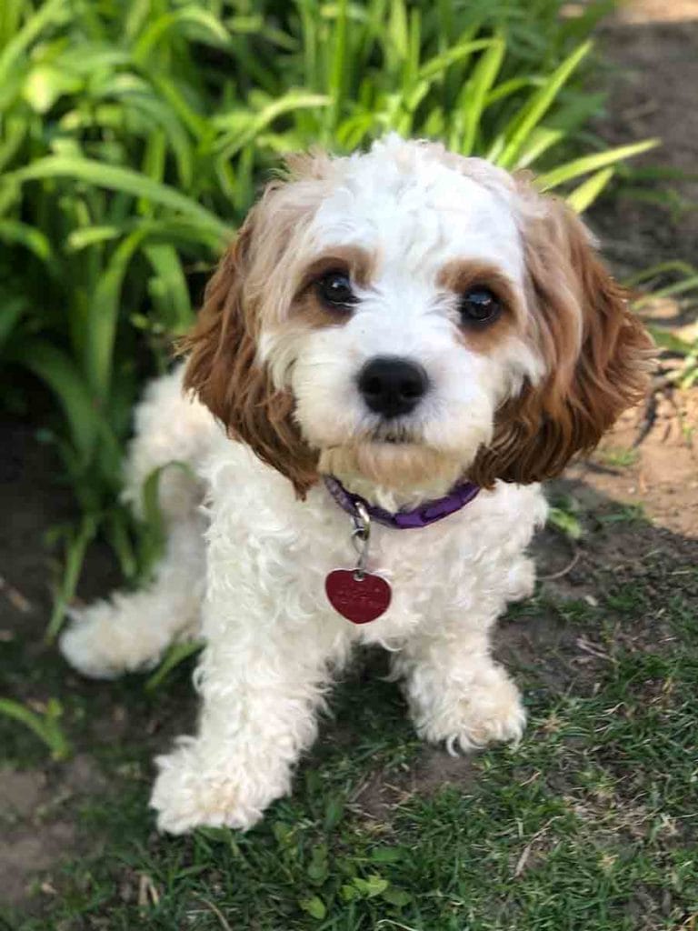 Precious Doodle Dogs, Cavapoo, Cavapoo puppies, Teacup Cavapoo, Cavadoodle, Cava poo, Cava poodle, Mini Cavapoo puppy, Mini Cavapoo, Cavapoos, Cavapoos for sale near me, cavapoos for sale, Teacup Cavapoo, Teacup Cavapoo puppies, Cavapoo puppies for sale, Teacup Cavapoos, Teacup Cavapoos for sale, Teacup Cavapoo puppies for sale near me, tiny cavapoos for sale, tiny cavadoodles for sale near me, Cavapoo puppies for sale, cavapoo puppies for sale near me, Cavoodles for sale near me, Cavoodle puppies, Cavoodle, Cavoodles, Cavadoodles, Cavadoodles for sale, Cavoodle puppies for sale near me, toy cavoodle, Cavadoodle, Cavadoodle puppies, cavadoodle puppies for sale, cavadoodle puppies for sale near me, cavadoodles for sale, cavadoodles for sale near me, how big does a cavapoo get, how big do cavapoos get, what is a cavapoo, cavapoo puppies for sale near me, cavapoo breeders near me, cavoodle breeders near me, miniature cavoodle, cavapoo size, cavapoo puppies near me, teacup cavapoo, cava poo puppies, king charles spaniel, cavapoo breeders near me, cavapoo price, teacup cavapoo puppies for sale, teacup cavapoos for sale, teacup cavapoo puppies for sale near me, precious cavapoos, precious cavapoo puppies for sale near me, adorable cavapoo puppies for sale, precious cavapoos for sale, mini doodle dogs for sale near me, teacup doodle dogs for sale near me, red cavapoo, cavapoo puppies for sale Alabama, cavapoo puppies for sale Alaska, cavapoo puppies for sale Arizona, cavapoo puppies for sale Arkansas, cavapoo puppies for sale California, cavapoo puppies for sale Colorado, cavapoo puppies for sale Connecticut, cavapoo puppies for sale Delaware, cavapoo puppies for sale Florida, cavapoo puppies for sale Georgia, cavapoo puppies for sale Hawaii, cavapoo puppies for sale Idaho, cavapoo puppies for sale Illinois, cavapoo puppies for sale Indiana, cavapoo puppies for sale Iowa, cavapoo puppies for sale Kansas, cavapoo puppies for sale Kentucky, cavapoo puppies for sale Louisiana, cavapoo puppies for sale Maine, cavapoo puppies for sale Maryland, cavapoo puppies for sale Massachusetts, cavapoo puppies for sale Michigan, cavapoo puppies for sale Minnesota, cavapoo puppies for sale Mississippi, cavapoo puppies for sale Missouri, cavapoo puppies for sale Montana, cavapoo puppies for sale Nebraska, cavapoo puppies for sale Nevada, cavapoo puppies for sale New Hampshire, cavapoo puppies for sale New Jersey, cavapoo puppies for sale New Mexico, cavapoo puppies for sale New York, cavapoo puppies for sale North Carolina, cavapoo puppies for sale North Dakota, cavapoo puppies for sale Ohio, cavapoo puppies for sale Oklahoma, cavapoo puppies for sale Oregon, cavapoo puppies for sale Pennsylvania, cavapoo puppies for sale Rhode Island, cavapoo puppies for sale South Carolina, cavapoo puppies for sale South Dakota, cavapoo puppies for sale Tennessee, cavapoo puppies for sale Texas, cavapoo puppies for sale Utah, cavapoo puppies for sale Vermont, cavapoo puppies for sale Virginia, cavapoo puppies for sale Washington, cavapoo puppies for sale West Virginia, cavapoo puppies for sale Wisconsin, cavapoo puppies for sale Wyoming, teacup cavapoo puppies Alabama, teacup cavapoo puppies Alaska, teacup cavapoo puppies Arizona, teacup cavapoo puppies Arkansas, teacup cavapoo puppies California, teacup cavapoo puppies Colorado, teacup cavapoo puppies Connecticut, teacup cavapoo puppies Delaware, teacup cavapoo puppies Florida, teacup cavapoo puppies Georgia, teacup cavapoo puppies Hawaii, teacup cavapoo puppies Idaho, teacup cavapoo puppies Illinois, teacup cavapoo puppies Indiana, teacup cavapoo puppies Iowa, teacup cavapoo puppies Kansas, teacup cavapoo puppies Kentucky, teacup cavapoo puppies Louisiana, teacup cavapoo puppies Maine, teacup cavapoo puppies Maryland, teacup cavapoo puppies Massachusetts, teacup cavapoo puppies Michigan, teacup cavapoo puppies Minnesota, teacup cavapoo puppies Mississippi, teacup cavapoo puppies Missouri, teacup cavapoo puppies Montana, teacup cavapoo puppies Nebraska, teacup cavapoo puppies Nevada, teacup cavapoo puppies New Hampshire, teacup cavapoo puppies New Jersey, teacup cavapoo puppies New Mexico, teacup cavapoo puppies New York, teacup cavapoo puppies North Carolina, teacup cavapoo puppies North Dakota, teacup cavapoo puppies Ohio, teacup cavapoo puppies Oklahoma, teacup cavapoo puppies Oregon, teacup cavapoo puppies Pennsylvania, teacup cavapoo puppies Rhode Island, teacup cavapoo puppies South Carolina, teacup cavapoo puppies South Dakota, teacup cavapoo puppies Tennessee, teacup cavapoo puppies Texas, teacup cavapoo puppies Utah, teacup cavapoo puppies Vermont, teacup cavapoo puppies Virginia, teacup cavapoo puppies Washington, teacup cavapoo puppies West Virginia, teacup cavapoo puppies Wisconsin, teacup cavapoo puppies Wyoming, teacup cavapoo puppies for sale Alabama, teacup cavapoo puppies for sale Alaska, teacup cavapoo puppies for sale Arizona, teacup cavapoo puppies for sale Arkansas, teacup cavapoo puppies for sale California, teacup cavapoo puppies for sale Colorado, teacup cavapoo puppies for sale Connecticut, teacup cavapoo puppies for sale Delaware, teacup cavapoo puppies for sale Florida, teacup cavapoo puppies for sale Georgia, teacup cavapoo puppies for sale Hawaii, teacup cavapoo puppies for sale Idaho, teacup cavapoo puppies for sale Illinois, teacup cavapoo puppies for sale Indiana, teacup cavapoo puppies for sale Iowa, teacup cavapoo puppies for sale Kansas, teacup cavapoo puppies for sale Kentucky, teacup cavapoo puppies for sale Louisiana, teacup cavapoo puppies for sale Maine, teacup cavapoo puppies for sale Maryland, teacup cavapoo puppies for sale Massachusetts, teacup cavapoo puppies for sale Michigan, teacup cavapoo puppies for sale Minnesota, teacup cavapoo puppies for sale Mississippi, teacup cavapoo puppies for sale Missouri, teacup cavapoo puppies for sale Montana, teacup cavapoo puppies for sale Nebraska, teacup cavapoo puppies for sale Nevada, teacup cavapoo puppies for sale New Hampshire, teacup cavapoo puppies for sale New Jersey, teacup cavapoo puppies for sale New Mexico, teacup cavapoo puppies for sale New York, teacup cavapoo puppies for sale North Carolina, teacup cavapoo puppies for sale North Dakota, teacup cavapoo puppies for sale Ohio, teacup cavapoo puppies for sale Oklahoma, teacup cavapoo puppies for sale Oregon, teacup cavapoo puppies for sale Pennsylvania, teacup cavapoo puppies for sale Rhode Island, teacup cavapoo puppies for sale South Carolina, teacup cavapoo puppies for sale South Dakota, teacup cavapoo puppies for sale Tennessee, teacup cavapoo puppies for sale Texas, teacup cavapoo puppies for sale Utah, teacup cavapoo puppies for sale Vermont, teacup cavapoo puppies for sale Virginia, teacup cavapoo puppies for sale Washington, teacup cavapoo puppies for sale West Virginia, teacup cavapoo puppies for sale Wisconsin, teacup cavapoo puppies for sale Wyoming, teacup cavapoo AL, teacup cavapoo AK, teacup cavapoo AZ, teacup cavapoo AR, teacup cavapoo CA, teacup cavapoo CO, teacup cavapoo CT, teacup cavapoo DE, teacup cavapoo FL, teacup cavapoo GA, teacup cavapoo HI, teacup cavapoo ID, teacup cavapoo IL, teacup cavapoo IN, teacup cavapoo IA, teacup cavapoo KS, teacup cavapoo KY, teacup cavapoo LA, teacup cavapoo ME, teacup cavapoo MD, teacup cavapoo MA, teacup cavapoo MI, teacup cavapoo MN, teacup cavapoo MS, teacup cavapoo MO, teacup cavapoo MT, teacup cavapoo NE, teacup cavapoo NV, teacup cavapoo NH, teacup cavapoo NJ, teacup cavapoo NM, teacup cavapoo NY, teacup cavapoo NC, teacup cavapoo ND, teacup cavapoo OH, teacup cavapoo OK, teacup cavapoo OR, teacup cavapoo PA, teacup cavapoo RI, teacup cavapoo SC, teacup cavapoo SD, teacup cavapoo TN, teacup cavapoo TX, teacup cavapoo UT, teacup cavapoo VT, teacup cavapoo VA, teacup cavapoo WA, teacup cavapoo WV, teacup cavapoo WI, teacup cavapoo WY, teacup cavadoodle puppies Alabama, teacup cavadoodle puppies Alaska, teacup cavadoodle puppies Arizona, teacup cavadoodle puppies Arkansas, teacup cavadoodle puppies California, teacup cavadoodle puppies Colorado, teacup cavadoodle puppies Connecticut, teacup cavadoodle puppies Delaware, teacup cavadoodle puppies Florida, teacup cavadoodle puppies Georgia, teacup cavadoodle puppies Hawaii, teacup cavadoodle puppies Idaho, teacup cavadoodle puppies Illinois, teacup cavadoodle puppies Indiana, teacup cavadoodle puppies Iowa, teacup cavadoodle puppies Kansas, teacup cavadoodle puppies Kentucky, teacup cavadoodle puppies Louisiana, teacup cavadoodle puppies Maine, teacup cavadoodle puppies Maryland, teacup cavadoodle puppies Massachusetts, teacup cavadoodle puppies Michigan, teacup cavadoodle puppies Minnesota, teacup cavadoodle puppies Mississippi, teacup cavadoodle puppies Missouri, teacup cavadoodle puppies Montana, teacup cavadoodle puppies Nebraska, teacup cavadoodle puppies Nevada, teacup cavadoodle puppies New Hampshire, teacup cavadoodle puppies New Jersey, teacup cavadoodle puppies New Mexico, teacup cavadoodle puppies New York, teacup cavadoodle puppies North Carolina, teacup cavadoodle puppies North Dakota, teacup cavadoodle puppies Ohio, teacup cavadoodle puppies Oklahoma, teacup cavadoodle puppies Oregon, teacup cavadoodle puppies Pennsylvania, teacup cavadoodle puppies Rhode Island, teacup cavadoodle puppies South Carolina, teacup cavadoodle puppies South Dakota, teacup cavadoodle puppies Tennessee, teacup cavadoodle puppies Texas, teacup cavadoodle puppies Utah, teacup cavadoodle puppies Vermont, teacup cavadoodle puppies Virginia, teacup cavadoodle puppies Washington, teacup cavadoodle puppies West Virginia, teacup cavadoodle puppies Wisconsin, teacup cavadoodle puppies Wyoming, cavadoodle puppies for sale Alabama, cavadoodle puppies for sale Alaska, cavadoodle puppies for sale Arizona, cavadoodle puppies for sale Arkansas, cavadoodle puppies for sale California, cavadoodle puppies for sale Colorado, cavadoodle puppies for sale Connecticut, cavadoodle puppies for sale Delaware, cavadoodle puppies for sale Florida, cavadoodle puppies for sale Georgia, cavadoodle puppies for sale Hawaii, cavadoodle puppies for sale Idaho, cavadoodle puppies for sale Illinois, cavadoodle puppies for sale Indiana, cavadoodle puppies for sale Iowa, cavadoodle puppies for sale Kansas, cavadoodle puppies for sale Kentucky, cavadoodle puppies for sale Louisiana, cavadoodle puppies for sale Maine, cavadoodle puppies for sale Maryland, cavadoodle puppies for sale Massachusetts, cavadoodle puppies for sale Michigan, cavadoodle puppies for sale Minnesota, cavadoodle puppies for sale Mississippi, cavadoodle puppies for sale Missouri, cavadoodle puppies for sale Montana, cavadoodle puppies for sale Nebraska, cavadoodle puppies for sale Nevada, cavadoodle puppies for sale New Hampshire, cavadoodle puppies for sale New Jersey, cavadoodle puppies for sale New Mexico, cavadoodle puppies for sale New York, cavadoodle puppies for sale North Carolina, cavadoodle puppies for sale North Dakota, cavadoodle puppies for sale Ohio, cavadoodle puppies for sale Oklahoma, cavadoodle puppies for sale Oregon, cavadoodle puppies for sale Pennsylvania, cavadoodle puppies for sale Rhode Island, cavadoodle puppies for sale South Carolina, cavadoodle puppies for sale South Dakota, cavadoodle puppies for sale Tennessee, cavadoodle puppies for sale Texas, cavadoodle puppies for sale Utah, cavadoodle puppies for sale Vermont, cavadoodle puppies for sale Virginia, cavadoodle puppies for sale Washington, cavadoodle puppies for sale West Virginia, cavadoodle puppies for sale Wisconsin, cavadoodle puppies for sale Wyoming, cavapoo breeders Alabama, cavapoo breeders Alaska, cavapoo breeders Arizona, cavapoo breeders Arkansas, cavapoo breeders California, cavapoo breeders Colorado, cavapoo breeders Connecticut, cavapoo breeders Delaware, cavapoo breeders Florida, cavapoo breeders Georgia, cavapoo breeders Hawaii, cavapoo breeders Idaho, cavapoo breeders Illinois, cavapoo breeders Indiana, cavapoo breeders Iowa, cavapoo breeders Kansas, cavapoo breeders Kentucky, cavapoo breeders Louisiana, cavapoo breeders Maine, cavapoo breeders Maryland, cavapoo breeders Massachusetts, cavapoo breeders Michigan, cavapoo breeders Minnesota, cavapoo breeders Mississippi, cavapoo breeders Missouri, cavapoo breeders Montana, cavapoo breeders Nebraska, cavapoo breeders Nevada, cavapoo breeders New Hampshire, cavapoo breeders New Jersey, cavapoo breeders New Mexico, cavapoo breeders New York, cavapoo breeders North Carolina, cavapoo breeders North Dakota, cavapoo breeders Ohio, cavapoo breeders Oklahoma, cavapoo breeders Oregon, cavapoo breeders Pennsylvania, cavapoo breeders Rhode Island, cavapoo breeders South Carolina, cavapoo breeders South Dakota, cavapoo breeders Tennessee, cavapoo breeders Texas, cavapoo breeders Utah, cavapoo breeders Vermont, cavapoo breeders Virginia, cavapoo breeders Washington, cavapoo breeders West Virginia, cavapoo breeders Wisconsin, cavapoo breeders Wyoming, cavapoo Alabama, cavapoo Alaska, cavapoo Arizona, cavapoo Arkansas, cavapoo California, cavapoo Colorado, cavapoo Connecticut, cavapoo Delaware, cavapoo Florida, cavapoo Georgia, cavapoo Hawaii, cavapoo Idaho, cavapoo Illinois, cavapoo Indiana, cavapoo Iowa, cavapoo Kansas, cavapoo Kentucky, cavapoo Louisiana, cavapoo Maine, cavapoo Maryland, cavapoo Massachusetts, cavapoo Michigan, cavapoo Minnesota, cavapoo Mississippi, cavapoo Missouri, cavapoo Montana, cavapoo Nebraska, cavapoo Nevada, cavapoo New Hampshire, cavapoo New Jersey, cavapoo New Mexico, cavapoo New York, cavapoo North Carolina, cavapoo North Dakota, cavapoo Ohio, cavapoo Oklahoma, cavapoo Oregon, cavapoo Pennsylvania, cavapoo Rhode Island, cavapoo South Carolina, cavapoo South Dakota, cavapoo Tennessee, cavapoo Texas, cavapoo Utah, cavapoo Vermont, cavapoo Virginia, cavapoo Washington, cavapoo West Virginia, cavapoo Wisconsin, cavapoo Wyoming, cavapoo AL, cavapoo AK, cavapoo AZ, cavapoo AR, cavapoo CA, cavapoo CO, cavapoo CT, cavapoo DE, cavapoo FL, cavapoo GA, cavapoo HI, cavapoo ID, cavapoo IL, cavapoo IN, cavapoo IA, cavapoo KS, cavapoo KY, cavapoo LA, cavapoo ME, cavapoo MD, cavapoo MA, cavapoo MI, cavapoo MN, cavapoo MS, cavapoo MO, cavapoo MT, cavapoo NE, cavapoo NV, cavapoo NH, cavapoo NJ, cavapoo NM, cavapoo NY, cavapoo NC, cavapoo ND, cavapoo OH, cavapoo OK, cavapoo OR, cavapoo PA, cavapoo RI, cavapoo SC, cavapoo SD, cavapoo TN, cavapoo TX, cavapoo UT, cavapoo VT, cavapoo VA, cavapoo WA, cavapoo WV, cavapoo WI, cavapoo WY, cavapoo puppies Alabama, cavapoo puppies Alaska, cavapoo puppies Arizona, cavapoo puppies Arkansas, cavapoo puppies California, cavapoo puppies Colorado, cavapoo puppies Connecticut, cavapoo puppies Delaware, cavapoo puppies Florida, cavapoo puppies Georgia, cavapoo puppies Hawaii, cavapoo puppies Idaho, cavapoo puppies Illinois, cavapoo puppies Indiana, cavapoo puppies Iowa, cavapoo puppies Kansas, cavapoo puppies Kentucky, cavapoo puppies Louisiana, cavapoo puppies Maine, cavapoo puppies Maryland, cavapoo puppies Massachusetts, cavapoo puppies Michigan, cavapoo puppies Minnesota, cavapoo puppies Mississippi, cavapoo puppies Missouri, cavapoo puppies Montana, cavapoo puppies Nebraska, cavapoo puppies Nevada, cavapoo puppies New Hampshire, cavapoo puppies New Jersey, cavapoo puppies New Mexico, cavapoo puppies New York, cavapoo puppies North Carolina, cavapoo puppies North Dakota, cavapoo puppies Ohio, cavapoo puppies Oklahoma, cavapoo puppies Oregon, cavapoo puppies Pennsylvania, cavapoo puppies Rhode Island, cavapoo puppies South Carolina, cavapoo puppies South Dakota, cavapoo puppies Tennessee, cavapoo puppies Texas, cavapoo puppies Utah, cavapoo puppies Vermont, cavapoo puppies Virginia, cavapoo puppies Washington, cavapoo puppies West Virginia, cavapoo puppies Wisconsin, cavapoo puppies Wyoming,