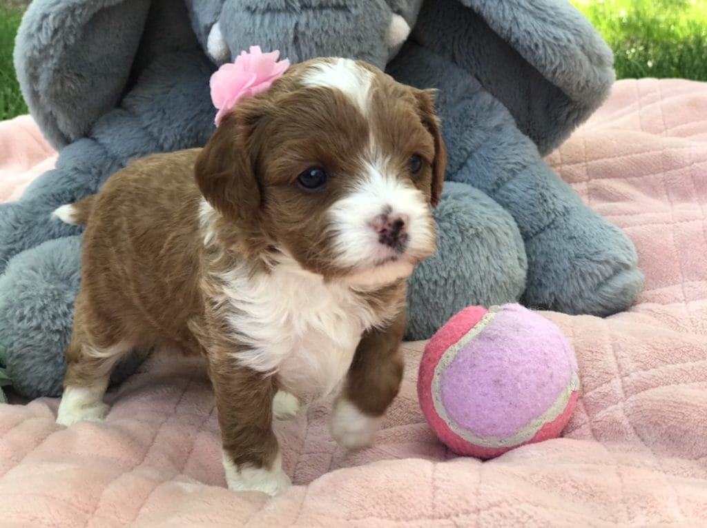 Precious Doodle Dogs, Cavapoo, Cavapoo puppies, Teacup Cavapoo, Cavadoodle, Cava poo, Cava poodle, Mini Cavapoo puppy, Mini Cavapoo, Mini Doodle Dogs, Cavapoos, Cavapoo puppies for sale, Cavoodle puppies, Cavoodle, toy cavoodle, how big does a cavapoo get, how big do cavapoos get, what is a cavapoo, cavapoo puppies for sale near me, cavapoo breeders near me, cavoodle breeders near me, miniature cavoodle, cavapoo size, cavapoo puppies near me, teacup cavapoo, cava poo puppies, king charles spaniel, cavapoo breeders near me, cavapoo price, teacup cavapoo puppies for sale, red cavapoo, cavapoo breeders Alabama, cavapoo breeders Alaska, cavapoo breeders Arizona, cavapoo breeders Arkansas, cavapoo breeders California, cavapoo breeders Colorado, cavapoo breeders Connecticut, cavapoo breeders Delaware, cavapoo breeders Florida, cavapoo breeders Georgia, cavapoo breeders Hawaii, cavapoo breeders Idaho, cavapoo breeders Illinois, cavapoo breeders Indiana, cavapoo breeders Iowa, cavapoo breeders Kansas, cavapoo breeders Kentucky, cavapoo breeders Louisiana, cavapoo breeders Maine, cavapoo breeders Maryland, cavapoo breeders Massachusetts, cavapoo breeders Michigan, cavapoo breeders Minnesota, cavapoo breeders Mississippi, cavapoo breeders Missouri, cavapoo breeders Montana, cavapoo breeders Nebraska, cavapoo breeders Nevada, cavapoo breeders New Hampshire, cavapoo breeders New Jersey, cavapoo breeders New Mexico, cavapoo breeders New York, cavapoo breeders North Carolina, cavapoo breeders North Dakota, cavapoo breeders Ohio, cavapoo breeders Oklahoma, cavapoo breeders Oregon, cavapoo breeders Pennsylvania, cavapoo breeders Rhode Island, cavapoo breeders South Carolina, cavapoo breeders South Dakota, cavapoo breeders Tennessee, cavapoo breeders Texas, cavapoo breeders Utah, cavapoo breeders Vermont, cavapoo breeders Virginia, cavapoo breeders Washington, cavapoo breeders West Virginia, cavapoo breeders Wisconsin, cavapoo breeders Wyoming, cavapoo Alabama, cavapoo Alaska, cavapoo Arizona, cavapoo Arkansas, cavapoo California, cavapoo Colorado, cavapoo Connecticut, cavapoo Delaware, cavapoo Florida, cavapoo Georgia, cavapoo Hawaii, cavapoo Idaho, cavapoo Illinois, cavapoo Indiana, cavapoo Iowa, cavapoo Kansas, cavapoo Kentucky, cavapoo Louisiana, cavapoo Maine, cavapoo Maryland, cavapoo Massachusetts, cavapoo Michigan, cavapoo Minnesota, cavapoo Mississippi, cavapoo Missouri, cavapoo Montana, cavapoo Nebraska, cavapoo Nevada, cavapoo New Hampshire, cavapoo New Jersey, cavapoo New Mexico, cavapoo New York, cavapoo North Carolina, cavapoo North Dakota, cavapoo Ohio, cavapoo Oklahoma, cavapoo Oregon, cavapoo Pennsylvania, cavapoo Rhode Island, cavapoo South Carolina, cavapoo South Dakota, cavapoo Tennessee, cavapoo Texas, cavapoo Utah, cavapoo Vermont, cavapoo Virginia, cavapoo Washington, cavapoo West Virginia, cavapoo Wisconsin, cavapoo Wyoming, cavapoo AL, cavapoo AK, cavapoo AZ, cavapoo AR, cavapoo CA, cavapoo CO, cavapoo CT, cavapoo DE, cavapoo FL, cavapoo GA, cavapoo HI, cavapoo ID, cavapoo IL, cavapoo IN, cavapoo IA, cavapoo KS, cavapoo KY, cavapoo LA, cavapoo ME, cavapoo MD, cavapoo MA, cavapoo MI, cavapoo MN, cavapoo MS, cavapoo MO, cavapoo MT, cavapoo NE, cavapoo NV, cavapoo NH, cavapoo NJ, cavapoo NM, cavapoo NY, cavapoo NC, cavapoo ND, cavapoo OH, cavapoo OK, cavapoo OR, cavapoo PA, cavapoo RI, cavapoo SC, cavapoo SD, cavapoo TN, cavapoo TX, cavapoo UT, cavapoo VT, cavapoo VA, cavapoo WA, cavapoo WV, cavapoo WI, cavapoo WY, teacup cavapoo AL, teacup cavapoo AK, teacup cavapoo AZ, teacup cavapoo AR, teacup cavapoo CA, teacup cavapoo CO, teacup cavapoo CT, teacup cavapoo DE, teacup cavapoo FL, teacup cavapoo GA, teacup cavapoo HI, teacup cavapoo ID, teacup cavapoo IL, teacup cavapoo IN, teacup cavapoo IA, teacup cavapoo KS, teacup cavapoo KY, teacup cavapoo LA, teacup cavapoo ME, teacup cavapoo MD, teacup cavapoo MA, teacup cavapoo MI, teacup cavapoo MN, teacup cavapoo MS, teacup cavapoo MO, teacup cavapoo MT, teacup cavapoo NE, teacup cavapoo NV, teacup cavapoo NH, teacup cavapoo NJ, teacup cavapoo NM, teacup cavapoo NY, teacup cavapoo NC, teacup cavapoo ND, teacup cavapoo OH, teacup cavapoo OK, teacup cavapoo OR, teacup cavapoo PA, teacup cavapoo RI, teacup cavapoo SC, teacup cavapoo SD, teacup cavapoo TN, teacup cavapoo TX, teacup cavapoo UT, teacup cavapoo VT, teacup cavapoo VA, teacup cavapoo WA, teacup cavapoo WV, teacup cavapoo WI, teacup cavapoo WY, cavapoo puppies Alabama, cavapoo puppies Alaska, cavapoo puppies Arizona, cavapoo puppies Arkansas, cavapoo puppies California, cavapoo puppies Colorado, cavapoo puppies Connecticut, cavapoo puppies Delaware, cavapoo puppies Florida, cavapoo puppies Georgia, cavapoo puppies Hawaii, cavapoo puppies Idaho, cavapoo puppies Illinois, cavapoo puppies Indiana, cavapoo puppies Iowa, cavapoo puppies Kansas, cavapoo puppies Kentucky, cavapoo puppies Louisiana, cavapoo puppies Maine, cavapoo puppies Maryland, cavapoo puppies Massachusetts, cavapoo puppies Michigan, cavapoo puppies Minnesota, cavapoo puppies Mississippi, cavapoo puppies Missouri, cavapoo puppies Montana, cavapoo puppies Nebraska, cavapoo puppies Nevada, cavapoo puppies New Hampshire, cavapoo puppies New Jersey, cavapoo puppies New Mexico, cavapoo puppies New York, cavapoo puppies North Carolina, cavapoo puppies North Dakota, cavapoo puppies Ohio, cavapoo puppies Oklahoma, cavapoo puppies Oregon, cavapoo puppies Pennsylvania, cavapoo puppies Rhode Island, cavapoo puppies South Carolina, cavapoo puppies South Dakota, cavapoo puppies Tennessee, cavapoo puppies Texas, cavapoo puppies Utah, cavapoo puppies Vermont, cavapoo puppies Virginia, cavapoo puppies Washington, cavapoo puppies West Virginia, cavapoo puppies Wisconsin, cavapoo puppies Wyoming, teacup cavapoo puppies Alabama, teacup cavapoo puppies Alaska, teacup cavapoo puppies Arizona, teacup cavapoo puppies Arkansas, teacup cavapoo puppies California, teacup cavapoo puppies Colorado, teacup cavapoo puppies Connecticut, teacup cavapoo puppies Delaware, teacup cavapoo puppies Florida, teacup cavapoo puppies Georgia, teacup cavapoo puppies Hawaii, teacup cavapoo puppies Idaho, teacup cavapoo puppies Illinois, teacup cavapoo puppies Indiana, teacup cavapoo puppies Iowa, teacup cavapoo puppies Kansas, teacup cavapoo puppies Kentucky, teacup cavapoo puppies Louisiana, teacup cavapoo puppies Maine, teacup cavapoo puppies Maryland, teacup cavapoo puppies Massachusetts, teacup cavapoo puppies Michigan, teacup cavapoo puppies Minnesota, teacup cavapoo puppies Mississippi, teacup cavapoo puppies Missouri, teacup cavapoo puppies Montana, teacup cavapoo puppies Nebraska, teacup cavapoo puppies Nevada, teacup cavapoo puppies New Hampshire, teacup cavapoo puppies New Jersey, teacup cavapoo puppies New Mexico, teacup cavapoo puppies New York, teacup cavapoo puppies North Carolina, teacup cavapoo puppies North Dakota, teacup cavapoo puppies Ohio, teacup cavapoo puppies Oklahoma, teacup cavapoo puppies Oregon, teacup cavapoo puppies Pennsylvania, teacup cavapoo puppies Rhode Island, teacup cavapoo puppies South Carolina, teacup cavapoo puppies South Dakota, teacup cavapoo puppies Tennessee, teacup cavapoo puppies Texas, teacup cavapoo puppies Utah, teacup cavapoo puppies Vermont, teacup cavapoo puppies Virginia, teacup cavapoo puppies Washington, teacup cavapoo puppies West Virginia, teacup cavapoo puppies Wisconsin, teacup cavapoo puppies Wyoming,