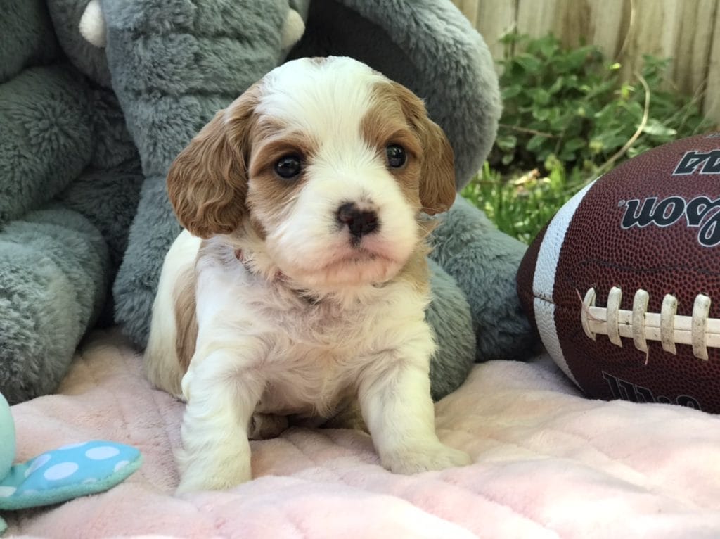 Precious Doodle Dogs, Cavapoo, Cavapoo puppies, Teacup Cavapoo, Cavadoodle, Cava poo, Cava poodle, Mini Cavapoo puppy, Mini Cavapoo, Mini Doodle Dogs, Cavapoos, Cavapoo puppies for sale, Cavoodle puppies, Cavoodle, toy cavoodle, how big does a cavapoo get, how big do cavapoos get, what is a cavapoo, cavapoo puppies for sale near me, cavapoo breeders near me, cavoodle breeders near me, miniature cavoodle, cavapoo size, cavapoo puppies near me, teacup cavapoo, cava poo puppies, king charles spaniel, cavapoo breeders near me, cavapoo price, teacup cavapoo puppies for sale, red cavapoo, cavapoo breeders Alabama, cavapoo breeders Alaska, cavapoo breeders Arizona, cavapoo breeders Arkansas, cavapoo breeders California, cavapoo breeders Colorado, cavapoo breeders Connecticut, cavapoo breeders Delaware, cavapoo breeders Florida, cavapoo breeders Georgia, cavapoo breeders Hawaii, cavapoo breeders Idaho, cavapoo breeders Illinois, cavapoo breeders Indiana, cavapoo breeders Iowa, cavapoo breeders Kansas, cavapoo breeders Kentucky, cavapoo breeders Louisiana, cavapoo breeders Maine, cavapoo breeders Maryland, cavapoo breeders Massachusetts, cavapoo breeders Michigan, cavapoo breeders Minnesota, cavapoo breeders Mississippi, cavapoo breeders Missouri, cavapoo breeders Montana, cavapoo breeders Nebraska, cavapoo breeders Nevada, cavapoo breeders New Hampshire, cavapoo breeders New Jersey, cavapoo breeders New Mexico, cavapoo breeders New York, cavapoo breeders North Carolina, cavapoo breeders North Dakota, cavapoo breeders Ohio, cavapoo breeders Oklahoma, cavapoo breeders Oregon, cavapoo breeders Pennsylvania, cavapoo breeders Rhode Island, cavapoo breeders South Carolina, cavapoo breeders South Dakota, cavapoo breeders Tennessee, cavapoo breeders Texas, cavapoo breeders Utah, cavapoo breeders Vermont, cavapoo breeders Virginia, cavapoo breeders Washington, cavapoo breeders West Virginia, cavapoo breeders Wisconsin, cavapoo breeders Wyoming, cavapoo Alabama, cavapoo Alaska, cavapoo Arizona, cavapoo Arkansas, cavapoo California, cavapoo Colorado, cavapoo Connecticut, cavapoo Delaware, cavapoo Florida, cavapoo Georgia, cavapoo Hawaii, cavapoo Idaho, cavapoo Illinois, cavapoo Indiana, cavapoo Iowa, cavapoo Kansas, cavapoo Kentucky, cavapoo Louisiana, cavapoo Maine, cavapoo Maryland, cavapoo Massachusetts, cavapoo Michigan, cavapoo Minnesota, cavapoo Mississippi, cavapoo Missouri, cavapoo Montana, cavapoo Nebraska, cavapoo Nevada, cavapoo New Hampshire, cavapoo New Jersey, cavapoo New Mexico, cavapoo New York, cavapoo North Carolina, cavapoo North Dakota, cavapoo Ohio, cavapoo Oklahoma, cavapoo Oregon, cavapoo Pennsylvania, cavapoo Rhode Island, cavapoo South Carolina, cavapoo South Dakota, cavapoo Tennessee, cavapoo Texas, cavapoo Utah, cavapoo Vermont, cavapoo Virginia, cavapoo Washington, cavapoo West Virginia, cavapoo Wisconsin, cavapoo Wyoming, cavapoo AL, cavapoo AK, cavapoo AZ, cavapoo AR, cavapoo CA, cavapoo CO, cavapoo CT, cavapoo DE, cavapoo FL, cavapoo GA, cavapoo HI, cavapoo ID, cavapoo IL, cavapoo IN, cavapoo IA, cavapoo KS, cavapoo KY, cavapoo LA, cavapoo ME, cavapoo MD, cavapoo MA, cavapoo MI, cavapoo MN, cavapoo MS, cavapoo MO, cavapoo MT, cavapoo NE, cavapoo NV, cavapoo NH, cavapoo NJ, cavapoo NM, cavapoo NY, cavapoo NC, cavapoo ND, cavapoo OH, cavapoo OK, cavapoo OR, cavapoo PA, cavapoo RI, cavapoo SC, cavapoo SD, cavapoo TN, cavapoo TX, cavapoo UT, cavapoo VT, cavapoo VA, cavapoo WA, cavapoo WV, cavapoo WI, cavapoo WY, teacup cavapoo AL, teacup cavapoo AK, teacup cavapoo AZ, teacup cavapoo AR, teacup cavapoo CA, teacup cavapoo CO, teacup cavapoo CT, teacup cavapoo DE, teacup cavapoo FL, teacup cavapoo GA, teacup cavapoo HI, teacup cavapoo ID, teacup cavapoo IL, teacup cavapoo IN, teacup cavapoo IA, teacup cavapoo KS, teacup cavapoo KY, teacup cavapoo LA, teacup cavapoo ME, teacup cavapoo MD, teacup cavapoo MA, teacup cavapoo MI, teacup cavapoo MN, teacup cavapoo MS, teacup cavapoo MO, teacup cavapoo MT, teacup cavapoo NE, teacup cavapoo NV, teacup cavapoo NH, teacup cavapoo NJ, teacup cavapoo NM, teacup cavapoo NY, teacup cavapoo NC, teacup cavapoo ND, teacup cavapoo OH, teacup cavapoo OK, teacup cavapoo OR, teacup cavapoo PA, teacup cavapoo RI, teacup cavapoo SC, teacup cavapoo SD, teacup cavapoo TN, teacup cavapoo TX, teacup cavapoo UT, teacup cavapoo VT, teacup cavapoo VA, teacup cavapoo WA, teacup cavapoo WV, teacup cavapoo WI, teacup cavapoo WY, cavapoo puppies Alabama, cavapoo puppies Alaska, cavapoo puppies Arizona, cavapoo puppies Arkansas, cavapoo puppies California, cavapoo puppies Colorado, cavapoo puppies Connecticut, cavapoo puppies Delaware, cavapoo puppies Florida, cavapoo puppies Georgia, cavapoo puppies Hawaii, cavapoo puppies Idaho, cavapoo puppies Illinois, cavapoo puppies Indiana, cavapoo puppies Iowa, cavapoo puppies Kansas, cavapoo puppies Kentucky, cavapoo puppies Louisiana, cavapoo puppies Maine, cavapoo puppies Maryland, cavapoo puppies Massachusetts, cavapoo puppies Michigan, cavapoo puppies Minnesota, cavapoo puppies Mississippi, cavapoo puppies Missouri, cavapoo puppies Montana, cavapoo puppies Nebraska, cavapoo puppies Nevada, cavapoo puppies New Hampshire, cavapoo puppies New Jersey, cavapoo puppies New Mexico, cavapoo puppies New York, cavapoo puppies North Carolina, cavapoo puppies North Dakota, cavapoo puppies Ohio, cavapoo puppies Oklahoma, cavapoo puppies Oregon, cavapoo puppies Pennsylvania, cavapoo puppies Rhode Island, cavapoo puppies South Carolina, cavapoo puppies South Dakota, cavapoo puppies Tennessee, cavapoo puppies Texas, cavapoo puppies Utah, cavapoo puppies Vermont, cavapoo puppies Virginia, cavapoo puppies Washington, cavapoo puppies West Virginia, cavapoo puppies Wisconsin, cavapoo puppies Wyoming, teacup cavapoo puppies Alabama, teacup cavapoo puppies Alaska, teacup cavapoo puppies Arizona, teacup cavapoo puppies Arkansas, teacup cavapoo puppies California, teacup cavapoo puppies Colorado, teacup cavapoo puppies Connecticut, teacup cavapoo puppies Delaware, teacup cavapoo puppies Florida, teacup cavapoo puppies Georgia, teacup cavapoo puppies Hawaii, teacup cavapoo puppies Idaho, teacup cavapoo puppies Illinois, teacup cavapoo puppies Indiana, teacup cavapoo puppies Iowa, teacup cavapoo puppies Kansas, teacup cavapoo puppies Kentucky, teacup cavapoo puppies Louisiana, teacup cavapoo puppies Maine, teacup cavapoo puppies Maryland, teacup cavapoo puppies Massachusetts, teacup cavapoo puppies Michigan, teacup cavapoo puppies Minnesota, teacup cavapoo puppies Mississippi, teacup cavapoo puppies Missouri, teacup cavapoo puppies Montana, teacup cavapoo puppies Nebraska, teacup cavapoo puppies Nevada, teacup cavapoo puppies New Hampshire, teacup cavapoo puppies New Jersey, teacup cavapoo puppies New Mexico, teacup cavapoo puppies New York, teacup cavapoo puppies North Carolina, teacup cavapoo puppies North Dakota, teacup cavapoo puppies Ohio, teacup cavapoo puppies Oklahoma, teacup cavapoo puppies Oregon, teacup cavapoo puppies Pennsylvania, teacup cavapoo puppies Rhode Island, teacup cavapoo puppies South Carolina, teacup cavapoo puppies South Dakota, teacup cavapoo puppies Tennessee, teacup cavapoo puppies Texas, teacup cavapoo puppies Utah, teacup cavapoo puppies Vermont, teacup cavapoo puppies Virginia, teacup cavapoo puppies Washington, teacup cavapoo puppies West Virginia, teacup cavapoo puppies Wisconsin, teacup cavapoo puppies Wyoming,