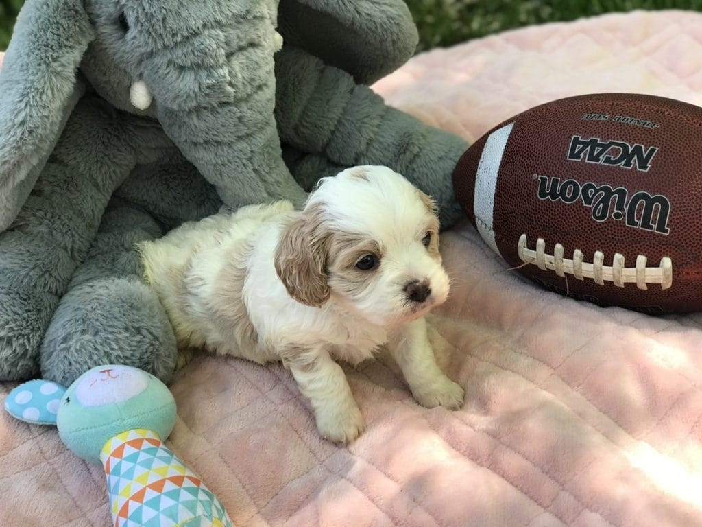 Cavapoos, Precious Doodle Dogs, Cavapoo, Cavapoo puppies, Teacup Cavapoo, Cavadoodle, Cava poo, Cava poodle, Mini Cavapoo puppy, Mini Cavapoo, Cavapoo doodles, Cavapoos for sale near me, cavapoos for sale, Teacup Cavapoo, Teacup Cavapoo puppies, Cavapoo puppies for sale, Teacup Cavapoos, Teacup Cavapoos for sale, Teacup Cavapoo puppies for sale near me, tiny cavapoos for sale, tiny cavadoodles for sale near me, Cavapoo puppies for sale, cavapoo puppies for sale near me, Cavoodles for sale near me, Cavoodle puppies, Cavoodle, Cavoodles, Cavadoodles, Cavadoodles for sale, Cavoodle puppies for sale near me, toy cavoodle, Cavadoodle, Cavadoodle puppies, cavadoodle puppies for sale, cavadoodle puppies for sale near me, cavadoodles for sale, cavadoodles for sale near me, how big does a cavapoo get, how big do cavapoos get, what is a cavapoo, cavapoo puppies for sale near me, cavapoo breeders near me, cavoodle breeders near me, miniature cavoodle, cavapoo size, cavapoo puppies near me, teacup cavapoo, cava poo puppies, king charles spaniel, cavapoo breeders near me, cavapoo price, teacup cavapoo puppies for sale, teacup cavapoos for sale, teacup cavapoo puppies for sale near me, precious cavapoos, precious cavapoo puppies for sale near me, adorable cavapoo puppies for sale, precious cavapoos for sale, mini doodle dogs for sale near me, teacup doodle dogs for sale near me, red cavapoo, teacup cavapoos for sale near me AL, teacup cavapoos for sale near me AK, teacup cavapoos for sale near me AZ, teacup cavapoos for sale near me AR, teacup cavapoos for sale near me CA, teacup cavapoos for sale near me CO, teacup cavapoos for sale near me CT, teacup cavapoos for sale near me DE, teacup cavapoos for sale near me FL, teacup cavapoos for sale near me GA, teacup cavapoos for sale near me HI, teacup cavapoos for sale near me ID, teacup cavapoos for sale near me IL, teacup cavapoos for sale near me IN, teacup cavapoos for sale near me IA, teacup cavapoos for sale near me KS, teacup cavapoos for sale near me KY, teacup cavapoos for sale near me LA, teacup cavapoos for sale near me ME, teacup cavapoos for sale near me MD, teacup cavapoos for sale near me MA, teacup cavapoos for sale near me MI, teacup cavapoos for sale near me MN, teacup cavapoos for sale near me MS, teacup cavapoos for sale near me MO, teacup cavapoos for sale near me MT, teacup cavapoos for sale near me NE, teacup cavapoos for sale near me NV, teacup cavapoos for sale near me NH, teacup cavapoos for sale near me NJ, teacup cavapoos for sale near me NM, teacup cavapoos for sale near me NY, teacup cavapoos for sale near me NC, teacup cavapoos for sale near me ND, teacup cavapoos for sale near me OH, teacup cavapoos for sale near me OK, teacup cavapoos for sale near me OR, teacup cavapoos for sale near me PA, teacup cavapoos for sale near me RI, teacup cavapoos for sale near me SC, teacup cavapoos for sale near me SD, teacup cavapoos for sale near me TN, teacup cavapoos for sale near me TX, teacup cavapoos for sale near me UT, teacup cavapoos for sale near me VT, teacup cavapoos for sale near me VA, teacup cavapoos for sale near me WA, teacup cavapoos for sale near me WV, teacup cavapoos for sale near me WI, teacup cavapoos for sale near me WY, cavapoo puppies for sale Alabama, cavapoo puppies for sale Alaska, cavapoo puppies for sale Arizona, cavapoo puppies for sale Arkansas, cavapoo puppies for sale California, cavapoo puppies for sale Colorado, cavapoo puppies for sale Connecticut, cavapoo puppies for sale Delaware, cavapoo puppies for sale Florida, cavapoo puppies for sale Georgia, cavapoo puppies for sale Hawaii, cavapoo puppies for sale Idaho, cavapoo puppies for sale Illinois, cavapoo puppies for sale Indiana, cavapoo puppies for sale Iowa, cavapoo puppies for sale Kansas, cavapoo puppies for sale Kentucky, cavapoo puppies for sale Louisiana, cavapoo puppies for sale Maine, cavapoo puppies for sale Maryland, cavapoo puppies for sale Massachusetts, cavapoo puppies for sale Michigan, cavapoo puppies for sale Minnesota, cavapoo puppies for sale Mississippi, cavapoo puppies for sale Missouri, cavapoo puppies for sale Montana, cavapoo puppies for sale Nebraska, cavapoo puppies for sale Nevada, cavapoo puppies for sale New Hampshire, cavapoo puppies for sale New Jersey, cavapoo puppies for sale New Mexico, cavapoo puppies for sale New York, cavapoo puppies for sale North Carolina, cavapoo puppies for sale North Dakota, cavapoo puppies for sale Ohio, cavapoo puppies for sale Oklahoma, cavapoo puppies for sale Oregon, cavapoo puppies for sale Pennsylvania, cavapoo puppies for sale Rhode Island, cavapoo puppies for sale South Carolina, cavapoo puppies for sale South Dakota, cavapoo puppies for sale Tennessee, cavapoo puppies for sale Texas, cavapoo puppies for sale Utah, cavapoo puppies for sale Vermont, cavapoo puppies for sale Virginia, cavapoo puppies for sale Washington, cavapoo puppies for sale West Virginia, cavapoo puppies for sale Wisconsin, cavapoo puppies for sale Wyoming, teacup cavapoo puppies Alabama, teacup cavapoo puppies Alaska, teacup cavapoo puppies Arizona, teacup cavapoo puppies Arkansas, teacup cavapoo puppies California, teacup cavapoo puppies Colorado, teacup cavapoo puppies Connecticut, teacup cavapoo puppies Delaware, teacup cavapoo puppies Florida, teacup cavapoo puppies Georgia, teacup cavapoo puppies Hawaii, teacup cavapoo puppies Idaho, teacup cavapoo puppies Illinois, teacup cavapoo puppies Indiana, teacup cavapoo puppies Iowa, teacup cavapoo puppies Kansas, teacup cavapoo puppies Kentucky, teacup cavapoo puppies Louisiana, teacup cavapoo puppies Maine, teacup cavapoo puppies Maryland, teacup cavapoo puppies Massachusetts, teacup cavapoo puppies Michigan, teacup cavapoo puppies Minnesota, teacup cavapoo puppies Mississippi, teacup cavapoo puppies Missouri, teacup cavapoo puppies Montana, teacup cavapoo puppies Nebraska, teacup cavapoo puppies Nevada, teacup cavapoo puppies New Hampshire, teacup cavapoo puppies New Jersey, teacup cavapoo puppies New Mexico, teacup cavapoo puppies New York, teacup cavapoo puppies North Carolina, teacup cavapoo puppies North Dakota, teacup cavapoo puppies Ohio, teacup cavapoo puppies Oklahoma, teacup cavapoo puppies Oregon, teacup cavapoo puppies Pennsylvania, teacup cavapoo puppies Rhode Island, teacup cavapoo puppies South Carolina, teacup cavapoo puppies South Dakota, teacup cavapoo puppies Tennessee, teacup cavapoo puppies Texas, teacup cavapoo puppies Utah, teacup cavapoo puppies Vermont, teacup cavapoo puppies Virginia, teacup cavapoo puppies Washington, teacup cavapoo puppies West Virginia, teacup cavapoo puppies Wisconsin, teacup cavapoo puppies Wyoming, teacup cavapoo puppies for sale Alabama, teacup cavapoo puppies for sale Alaska, teacup cavapoo puppies for sale Arizona, teacup cavapoo puppies for sale Arkansas, teacup cavapoo puppies for sale California, teacup cavapoo puppies for sale Colorado, teacup cavapoo puppies for sale Connecticut, teacup cavapoo puppies for sale Delaware, teacup cavapoo puppies for sale Florida, teacup cavapoo puppies for sale Georgia, teacup cavapoo puppies for sale Hawaii, teacup cavapoo puppies for sale Idaho, teacup cavapoo puppies for sale Illinois, teacup cavapoo puppies for sale Indiana, teacup cavapoo puppies for sale Iowa, teacup cavapoo puppies for sale Kansas, teacup cavapoo puppies for sale Kentucky, teacup cavapoo puppies for sale Louisiana, teacup cavapoo puppies for sale Maine, teacup cavapoo puppies for sale Maryland, teacup cavapoo puppies for sale Massachusetts, teacup cavapoo puppies for sale Michigan, teacup cavapoo puppies for sale Minnesota, teacup cavapoo puppies for sale Mississippi, teacup cavapoo puppies for sale Missouri, teacup cavapoo puppies for sale Montana, teacup cavapoo puppies for sale Nebraska, teacup cavapoo puppies for sale Nevada, teacup cavapoo puppies for sale New Hampshire, teacup cavapoo puppies for sale New Jersey, teacup cavapoo puppies for sale New Mexico, teacup cavapoo puppies for sale New York, teacup cavapoo puppies for sale North Carolina, teacup cavapoo puppies for sale North Dakota, teacup cavapoo puppies for sale Ohio, teacup cavapoo puppies for sale Oklahoma, teacup cavapoo puppies for sale Oregon, teacup cavapoo puppies for sale Pennsylvania, teacup cavapoo puppies for sale Rhode Island, teacup cavapoo puppies for sale South Carolina, teacup cavapoo puppies for sale South Dakota, teacup cavapoo puppies for sale Tennessee, teacup cavapoo puppies for sale Texas, teacup cavapoo puppies for sale Utah, teacup cavapoo puppies for sale Vermont, teacup cavapoo puppies for sale Virginia, teacup cavapoo puppies for sale Washington, teacup cavapoo puppies for sale West Virginia, teacup cavapoo puppies for sale Wisconsin, teacup cavapoo puppies for sale Wyoming, teacup cavapoo AL, teacup cavapoo AK, teacup cavapoo AZ, teacup cavapoo AR, teacup cavapoo CA, teacup cavapoo CO, teacup cavapoo CT, teacup cavapoo DE, teacup cavapoo FL, teacup cavapoo GA, teacup cavapoo HI, teacup cavapoo ID, teacup cavapoo IL, teacup cavapoo IN, teacup cavapoo IA, teacup cavapoo KS, teacup cavapoo KY, teacup cavapoo LA, teacup cavapoo ME, teacup cavapoo MD, teacup cavapoo MA, teacup cavapoo MI, teacup cavapoo MN, teacup cavapoo MS, teacup cavapoo MO, teacup cavapoo MT, teacup cavapoo NE, teacup cavapoo NV, teacup cavapoo NH, teacup cavapoo NJ, teacup cavapoo NM, teacup cavapoo NY, teacup cavapoo NC, teacup cavapoo ND, teacup cavapoo OH, teacup cavapoo OK, teacup cavapoo OR, teacup cavapoo PA, teacup cavapoo RI, teacup cavapoo SC, teacup cavapoo SD, teacup cavapoo TN, teacup cavapoo TX, teacup cavapoo UT, teacup cavapoo VT, teacup cavapoo VA, teacup cavapoo WA, teacup cavapoo WV, teacup cavapoo WI, teacup cavapoo WY, teacup cavadoodle puppies Alabama, teacup cavadoodle puppies Alaska, teacup cavadoodle puppies Arizona, teacup cavadoodle puppies Arkansas, teacup cavadoodle puppies California, teacup cavadoodle puppies Colorado, teacup cavadoodle puppies Connecticut, teacup cavadoodle puppies Delaware, teacup cavadoodle puppies Florida, teacup cavadoodle puppies Georgia, teacup cavadoodle puppies Hawaii, teacup cavadoodle puppies Idaho, teacup cavadoodle puppies Illinois, teacup cavadoodle puppies Indiana, teacup cavadoodle puppies Iowa, teacup cavadoodle puppies Kansas, teacup cavadoodle puppies Kentucky, teacup cavadoodle puppies Louisiana, teacup cavadoodle puppies Maine, teacup cavadoodle puppies Maryland, teacup cavadoodle puppies Massachusetts, teacup cavadoodle puppies Michigan, teacup cavadoodle puppies Minnesota, teacup cavadoodle puppies Mississippi, teacup cavadoodle puppies Missouri, teacup cavadoodle puppies Montana, teacup cavadoodle puppies Nebraska, teacup cavadoodle puppies Nevada, teacup cavadoodle puppies New Hampshire, teacup cavadoodle puppies New Jersey, teacup cavadoodle puppies New Mexico, teacup cavadoodle puppies New York, teacup cavadoodle puppies North Carolina, teacup cavadoodle puppies North Dakota, teacup cavadoodle puppies Ohio, teacup cavadoodle puppies Oklahoma, teacup cavadoodle puppies Oregon, teacup cavadoodle puppies Pennsylvania, teacup cavadoodle puppies Rhode Island, teacup cavadoodle puppies South Carolina, teacup cavadoodle puppies South Dakota, teacup cavadoodle puppies Tennessee, teacup cavadoodle puppies Texas, teacup cavadoodle puppies Utah, teacup cavadoodle puppies Vermont, teacup cavadoodle puppies Virginia, teacup cavadoodle puppies Washington, teacup cavadoodle puppies West Virginia, teacup cavadoodle puppies Wisconsin, teacup cavadoodle puppies Wyoming, cavadoodle puppies for sale Alabama, cavadoodle puppies for sale Alaska, cavadoodle puppies for sale Arizona, cavadoodle puppies for sale Arkansas, cavadoodle puppies for sale California, cavadoodle puppies for sale Colorado, cavadoodle puppies for sale Connecticut, cavadoodle puppies for sale Delaware, cavadoodle puppies for sale Florida, cavadoodle puppies for sale Georgia, cavadoodle puppies for sale Hawaii, cavadoodle puppies for sale Idaho, cavadoodle puppies for sale Illinois, cavadoodle puppies for sale Indiana, cavadoodle puppies for sale Iowa, cavadoodle puppies for sale Kansas, cavadoodle puppies for sale Kentucky, cavadoodle puppies for sale Louisiana, cavadoodle puppies for sale Maine, cavadoodle puppies for sale Maryland, cavadoodle puppies for sale Massachusetts, cavadoodle puppies for sale Michigan, cavadoodle puppies for sale Minnesota, cavadoodle puppies for sale Mississippi, cavadoodle puppies for sale Missouri, cavadoodle puppies for sale Montana, cavadoodle puppies for sale Nebraska, cavadoodle puppies for sale Nevada, cavadoodle puppies for sale New Hampshire, cavadoodle puppies for sale New Jersey, cavadoodle puppies for sale New Mexico, cavadoodle puppies for sale New York, cavadoodle puppies for sale North Carolina, cavadoodle puppies for sale North Dakota, cavadoodle puppies for sale Ohio, cavadoodle puppies for sale Oklahoma, cavadoodle puppies for sale Oregon, cavadoodle puppies for sale Pennsylvania, cavadoodle puppies for sale Rhode Island, cavadoodle puppies for sale South Carolina, cavadoodle puppies for sale South Dakota, cavadoodle puppies for sale Tennessee, cavadoodle puppies for sale Texas, cavadoodle puppies for sale Utah, cavadoodle puppies for sale Vermont, cavadoodle puppies for sale Virginia, cavadoodle puppies for sale Washington, cavadoodle puppies for sale West Virginia, cavadoodle puppies for sale Wisconsin, cavadoodle puppies for sale Wyoming, cavapoo breeders Alabama, cavapoo breeders Alaska, cavapoo breeders Arizona, cavapoo breeders Arkansas, cavapoo breeders California, cavapoo breeders Colorado, cavapoo breeders Connecticut, cavapoo breeders Delaware, cavapoo breeders Florida, cavapoo breeders Georgia, cavapoo breeders Hawaii, cavapoo breeders Idaho, cavapoo breeders Illinois, cavapoo breeders Indiana, cavapoo breeders Iowa, cavapoo breeders Kansas, cavapoo breeders Kentucky, cavapoo breeders Louisiana, cavapoo breeders Maine, cavapoo breeders Maryland, cavapoo breeders Massachusetts, cavapoo breeders Michigan, cavapoo breeders Minnesota, cavapoo breeders Mississippi, cavapoo breeders Missouri, cavapoo breeders Montana, cavapoo breeders Nebraska, cavapoo breeders Nevada, cavapoo breeders New Hampshire, cavapoo breeders New Jersey, cavapoo breeders New Mexico, cavapoo breeders New York, cavapoo breeders North Carolina, cavapoo breeders North Dakota, cavapoo breeders Ohio, cavapoo breeders Oklahoma, cavapoo breeders Oregon, cavapoo breeders Pennsylvania, cavapoo breeders Rhode Island, cavapoo breeders South Carolina, cavapoo breeders South Dakota, cavapoo breeders Tennessee, cavapoo breeders Texas, cavapoo breeders Utah, cavapoo breeders Vermont, cavapoo breeders Virginia, cavapoo breeders Washington, cavapoo breeders West Virginia, cavapoo breeders Wisconsin, cavapoo breeders Wyoming, cavapoo Alabama, cavapoo Alaska, cavapoo Arizona, cavapoo Arkansas, cavapoo California, cavapoo Colorado, cavapoo Connecticut, cavapoo Delaware, cavapoo Florida, cavapoo Georgia, cavapoo Hawaii, cavapoo Idaho, cavapoo Illinois, cavapoo Indiana, cavapoo Iowa, cavapoo Kansas, cavapoo Kentucky, cavapoo Louisiana, cavapoo Maine, cavapoo Maryland, cavapoo Massachusetts, cavapoo Michigan, cavapoo Minnesota, cavapoo Mississippi, cavapoo Missouri, cavapoo Montana, cavapoo Nebraska, cavapoo Nevada, cavapoo New Hampshire, cavapoo New Jersey, cavapoo New Mexico, cavapoo New York, cavapoo North Carolina, cavapoo North Dakota, cavapoo Ohio, cavapoo Oklahoma, cavapoo Oregon, cavapoo Pennsylvania, cavapoo Rhode Island, cavapoo South Carolina, cavapoo South Dakota, cavapoo Tennessee, cavapoo Texas, cavapoo Utah, cavapoo Vermont, cavapoo Virginia, cavapoo Washington, cavapoo West Virginia, cavapoo Wisconsin, cavapoo Wyoming, cavapoo AL, cavapoo AK, cavapoo AZ, cavapoo AR, cavapoo CA, cavapoo CO, cavapoo CT, cavapoo DE, cavapoo FL, cavapoo GA, cavapoo HI, cavapoo ID, cavapoo IL, cavapoo IN, cavapoo IA, cavapoo KS, cavapoo KY, cavapoo LA, cavapoo ME, cavapoo MD, cavapoo MA, cavapoo MI, cavapoo MN, cavapoo MS, cavapoo MO, cavapoo MT, cavapoo NE, cavapoo NV, cavapoo NH, cavapoo NJ, cavapoo NM, cavapoo NY, cavapoo NC, cavapoo ND, cavapoo OH, cavapoo OK, cavapoo OR, cavapoo PA, cavapoo RI, cavapoo SC, cavapoo SD, cavapoo TN, cavapoo TX, cavapoo UT, cavapoo VT, cavapoo VA, cavapoo WA, cavapoo WV, cavapoo WI, cavapoo WY, cavapoos near me AL, cavapoos near me AK, cavapoos near me AZ, cavapoos near me AR, cavapoos near me CA, cavapoos near me CO, cavapoos near me CT, cavapoos near me DE, cavapoos near me FL, cavapoos near me GA, cavapoos near me HI, cavapoos near me ID, cavapoos near me IL, cavapoos near me IN, cavapoos near me IA, cavapoos near me KS, cavapoos near me KY, cavapoos near me LA, cavapoos near me ME, cavapoos near me MD, cavapoos near me MA, cavapoos near me MI, cavapoos near me MN, cavapoos near me MS, cavapoos near me MO, cavapoos near me MT, cavapoos near me NE, cavapoos near me NV, cavapoos near me NH, cavapoos near me NJ, cavapoos near me NM, cavapoos near me NY, cavapoos near me NC, cavapoos near me ND, cavapoos near me OH, cavapoos near me OK, cavapoos near me OR, cavapoos near me PA, cavapoos near me RI, cavapoos near me SC, cavapoos near me SD, cavapoos near me TN, cavapoos near me TX, cavapoos near me UT, cavapoos near me VT, cavapoos near me VA, cavapoos near me WA, cavapoos near me WV, cavapoos near me WI, cavapoos near me WY, cavapoo puppies near me AL, cavapoo puppies near me AK, cavapoo puppies near me AZ, cavapoo puppies near me AR, cavapoo puppies near me CA, cavapoo puppies near me CO, cavapoo puppies near me CT, cavapoo puppies near me DE, cavapoo puppies near me FL, cavapoo puppies near me GA, cavapoo puppies near me HI, cavapoo puppies near me ID, cavapoo puppies near me IL, cavapoo puppies near me IN, cavapoo puppies near me IA, cavapoo puppies near me KS, cavapoo puppies near me KY, cavapoo puppies near me LA, cavapoo puppies near me ME, cavapoo puppies near me MD, cavapoo puppies near me MA, cavapoo puppies near me MI, cavapoo puppies near me MN, cavapoo puppies near me MS, cavapoo puppies near me MO, cavapoo puppies near me MT, cavapoo puppies near me NE, cavapoo puppies near me NV, cavapoo puppies near me NH, cavapoo puppies near me NJ, cavapoo puppies near me NM, cavapoo puppies near me NY, cavapoo puppies near me NC, cavapoo puppies near me ND, cavapoo puppies near me OH, cavapoo puppies near me OK, cavapoo puppies near me OR, cavapoo puppies near me PA, cavapoo puppies near me RI, cavapoo puppies near me SC, cavapoo puppies near me SD, cavapoo puppies near me TN, cavapoo puppies near me TX, cavapoo puppies near me UT, cavapoo puppies near me VT, cavapoo puppies near me VA, cavapoo puppies near me WA, cavapoo puppies near me WV, cavapoo puppies near me WI, cavapoo puppies near me WY, cavapoo puppies Alabama, cavapoo puppies Alaska, cavapoo puppies Arizona, cavapoo puppies Arkansas, cavapoo puppies California, cavapoo puppies Colorado, cavapoo puppies Connecticut, cavapoo puppies Delaware, cavapoo puppies Florida, cavapoo puppies Georgia, cavapoo puppies Hawaii, cavapoo puppies Idaho, cavapoo puppies Illinois, cavapoo puppies Indiana, cavapoo puppies Iowa, cavapoo puppies Kansas, cavapoo puppies Kentucky, cavapoo puppies Louisiana, cavapoo puppies Maine, cavapoo puppies Maryland, cavapoo puppies Massachusetts, cavapoo puppies Michigan, cavapoo puppies Minnesota, cavapoo puppies Mississippi, cavapoo puppies Missouri, cavapoo puppies Montana, cavapoo puppies Nebraska, cavapoo puppies Nevada, cavapoo puppies New Hampshire, cavapoo puppies New Jersey, cavapoo puppies New Mexico, cavapoo puppies New York, cavapoo puppies North Carolina, cavapoo puppies North Dakota, cavapoo puppies Ohio, cavapoo puppies Oklahoma, cavapoo puppies Oregon, cavapoo puppies Pennsylvania, cavapoo puppies Rhode Island, cavapoo puppies South Carolina, cavapoo puppies South Dakota, cavapoo puppies Tennessee, cavapoo puppies Texas, cavapoo puppies Utah, cavapoo puppies Vermont, cavapoo puppies Virginia, cavapoo puppies Washington, cavapoo puppies West Virginia, cavapoo puppies Wisconsin, cavapoo puppies Wyoming, cavapoodles near me AL, cavapoodles near me AK, cavapoodles near me AZ, cavapoodles near me AR, cavapoodles near me CA, cavapoodles near me CO, cavapoodles near me CT, cavapoodles near me DE, cavapoodles near me FL, cavapoodles near me GA, cavapoodles near me HI, cavapoodles near me ID, cavapoodles near me IL, cavapoodles near me IN, cavapoodles near me IA, cavapoodles near me KS, cavapoodles near me KY, cavapoodles near me LA, cavapoodles near me ME, cavapoodles near me MD, cavapoodles near me MA, cavapoodles near me MI, cavapoodles near me MN, cavapoodles near me MS, cavapoodles near me MO, cavapoodles near me MT, cavapoodles near me NE, cavapoodles near me NV, cavapoodles near me NH, cavapoodles near me NJ, cavapoodles near me NM, cavapoodles near me NY, cavapoodles near me NC, cavapoodles near me ND, cavapoodles near me OH, cavapoodles near me OK, cavapoodles near me OR, cavapoodles near me PA, cavapoodles near me RI, cavapoodles near me SC, cavapoodles near me SD, cavapoodles near me TN, cavapoodles near me TX, cavapoodles near me UT, cavapoodles near me VT, cavapoodles near me VA, cavapoodles near me WA, cavapoodles near me WV, cavapoodles near me WI, cavapoodles near me WY,