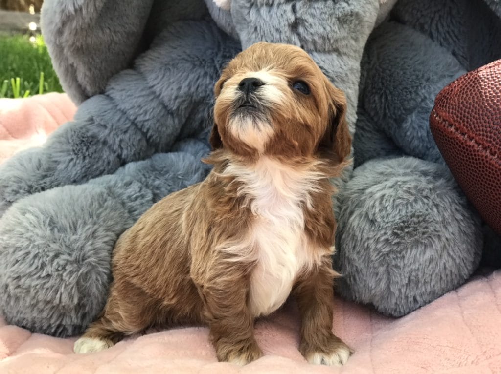 Cavapoos, Precious Doodle Dogs, Cavapoo, Cavapoo puppies, Teacup Cavapoo, Cavadoodle, Cava poo, Cava poodle, Mini Cavapoo puppy, Mini Cavapoo, Cavapoo doodles, Cavapoos for sale near me, cavapoos for sale, Teacup Cavapoo, Teacup Cavapoo puppies, Cavapoo puppies for sale, Teacup Cavapoos, Teacup Cavapoos for sale, Teacup Cavapoo puppies for sale near me, tiny cavapoos for sale, tiny cavadoodles for sale near me, Cavapoo puppies for sale, cavapoo puppies for sale near me, Cavoodles for sale near me, Cavoodle puppies, Cavoodle, Cavoodles, Cavadoodles, Cavadoodles for sale, Cavoodle puppies for sale near me, toy cavoodle, Cavadoodle, Cavadoodle puppies, cavadoodle puppies for sale, cavadoodle puppies for sale near me, cavadoodles for sale, cavadoodles for sale near me, how big does a cavapoo get, how big do cavapoos get, what is a cavapoo, cavapoo puppies for sale near me, cavapoo breeders near me, cavoodle breeders near me, miniature cavoodle, cavapoo size, cavapoo puppies near me, teacup cavapoo, cava poo puppies, king charles spaniel, cavapoo breeders near me, cavapoo price, teacup cavapoo puppies for sale, teacup cavapoos for sale, teacup cavapoo puppies for sale near me, precious cavapoos, precious cavapoo puppies for sale near me, adorable cavapoo puppies for sale, precious cavapoos for sale, mini doodle dogs for sale near me, teacup doodle dogs for sale near me, red cavapoo, teacup cavapoos for sale near me AL, teacup cavapoos for sale near me AK, teacup cavapoos for sale near me AZ, teacup cavapoos for sale near me AR, teacup cavapoos for sale near me CA, teacup cavapoos for sale near me CO, teacup cavapoos for sale near me CT, teacup cavapoos for sale near me DE, teacup cavapoos for sale near me FL, teacup cavapoos for sale near me GA, teacup cavapoos for sale near me HI, teacup cavapoos for sale near me ID, teacup cavapoos for sale near me IL, teacup cavapoos for sale near me IN, teacup cavapoos for sale near me IA, teacup cavapoos for sale near me KS, teacup cavapoos for sale near me KY, teacup cavapoos for sale near me LA, teacup cavapoos for sale near me ME, teacup cavapoos for sale near me MD, teacup cavapoos for sale near me MA, teacup cavapoos for sale near me MI, teacup cavapoos for sale near me MN, teacup cavapoos for sale near me MS, teacup cavapoos for sale near me MO, teacup cavapoos for sale near me MT, teacup cavapoos for sale near me NE, teacup cavapoos for sale near me NV, teacup cavapoos for sale near me NH, teacup cavapoos for sale near me NJ, teacup cavapoos for sale near me NM, teacup cavapoos for sale near me NY, teacup cavapoos for sale near me NC, teacup cavapoos for sale near me ND, teacup cavapoos for sale near me OH, teacup cavapoos for sale near me OK, teacup cavapoos for sale near me OR, teacup cavapoos for sale near me PA, teacup cavapoos for sale near me RI, teacup cavapoos for sale near me SC, teacup cavapoos for sale near me SD, teacup cavapoos for sale near me TN, teacup cavapoos for sale near me TX, teacup cavapoos for sale near me UT, teacup cavapoos for sale near me VT, teacup cavapoos for sale near me VA, teacup cavapoos for sale near me WA, teacup cavapoos for sale near me WV, teacup cavapoos for sale near me WI, teacup cavapoos for sale near me WY, cavapoo puppies for sale Alabama, cavapoo puppies for sale Alaska, cavapoo puppies for sale Arizona, cavapoo puppies for sale Arkansas, cavapoo puppies for sale California, cavapoo puppies for sale Colorado, cavapoo puppies for sale Connecticut, cavapoo puppies for sale Delaware, cavapoo puppies for sale Florida, cavapoo puppies for sale Georgia, cavapoo puppies for sale Hawaii, cavapoo puppies for sale Idaho, cavapoo puppies for sale Illinois, cavapoo puppies for sale Indiana, cavapoo puppies for sale Iowa, cavapoo puppies for sale Kansas, cavapoo puppies for sale Kentucky, cavapoo puppies for sale Louisiana, cavapoo puppies for sale Maine, cavapoo puppies for sale Maryland, cavapoo puppies for sale Massachusetts, cavapoo puppies for sale Michigan, cavapoo puppies for sale Minnesota, cavapoo puppies for sale Mississippi, cavapoo puppies for sale Missouri, cavapoo puppies for sale Montana, cavapoo puppies for sale Nebraska, cavapoo puppies for sale Nevada, cavapoo puppies for sale New Hampshire, cavapoo puppies for sale New Jersey, cavapoo puppies for sale New Mexico, cavapoo puppies for sale New York, cavapoo puppies for sale North Carolina, cavapoo puppies for sale North Dakota, cavapoo puppies for sale Ohio, cavapoo puppies for sale Oklahoma, cavapoo puppies for sale Oregon, cavapoo puppies for sale Pennsylvania, cavapoo puppies for sale Rhode Island, cavapoo puppies for sale South Carolina, cavapoo puppies for sale South Dakota, cavapoo puppies for sale Tennessee, cavapoo puppies for sale Texas, cavapoo puppies for sale Utah, cavapoo puppies for sale Vermont, cavapoo puppies for sale Virginia, cavapoo puppies for sale Washington, cavapoo puppies for sale West Virginia, cavapoo puppies for sale Wisconsin, cavapoo puppies for sale Wyoming, teacup cavapoo puppies Alabama, teacup cavapoo puppies Alaska, teacup cavapoo puppies Arizona, teacup cavapoo puppies Arkansas, teacup cavapoo puppies California, teacup cavapoo puppies Colorado, teacup cavapoo puppies Connecticut, teacup cavapoo puppies Delaware, teacup cavapoo puppies Florida, teacup cavapoo puppies Georgia, teacup cavapoo puppies Hawaii, teacup cavapoo puppies Idaho, teacup cavapoo puppies Illinois, teacup cavapoo puppies Indiana, teacup cavapoo puppies Iowa, teacup cavapoo puppies Kansas, teacup cavapoo puppies Kentucky, teacup cavapoo puppies Louisiana, teacup cavapoo puppies Maine, teacup cavapoo puppies Maryland, teacup cavapoo puppies Massachusetts, teacup cavapoo puppies Michigan, teacup cavapoo puppies Minnesota, teacup cavapoo puppies Mississippi, teacup cavapoo puppies Missouri, teacup cavapoo puppies Montana, teacup cavapoo puppies Nebraska, teacup cavapoo puppies Nevada, teacup cavapoo puppies New Hampshire, teacup cavapoo puppies New Jersey, teacup cavapoo puppies New Mexico, teacup cavapoo puppies New York, teacup cavapoo puppies North Carolina, teacup cavapoo puppies North Dakota, teacup cavapoo puppies Ohio, teacup cavapoo puppies Oklahoma, teacup cavapoo puppies Oregon, teacup cavapoo puppies Pennsylvania, teacup cavapoo puppies Rhode Island, teacup cavapoo puppies South Carolina, teacup cavapoo puppies South Dakota, teacup cavapoo puppies Tennessee, teacup cavapoo puppies Texas, teacup cavapoo puppies Utah, teacup cavapoo puppies Vermont, teacup cavapoo puppies Virginia, teacup cavapoo puppies Washington, teacup cavapoo puppies West Virginia, teacup cavapoo puppies Wisconsin, teacup cavapoo puppies Wyoming, teacup cavapoo puppies for sale Alabama, teacup cavapoo puppies for sale Alaska, teacup cavapoo puppies for sale Arizona, teacup cavapoo puppies for sale Arkansas, teacup cavapoo puppies for sale California, teacup cavapoo puppies for sale Colorado, teacup cavapoo puppies for sale Connecticut, teacup cavapoo puppies for sale Delaware, teacup cavapoo puppies for sale Florida, teacup cavapoo puppies for sale Georgia, teacup cavapoo puppies for sale Hawaii, teacup cavapoo puppies for sale Idaho, teacup cavapoo puppies for sale Illinois, teacup cavapoo puppies for sale Indiana, teacup cavapoo puppies for sale Iowa, teacup cavapoo puppies for sale Kansas, teacup cavapoo puppies for sale Kentucky, teacup cavapoo puppies for sale Louisiana, teacup cavapoo puppies for sale Maine, teacup cavapoo puppies for sale Maryland, teacup cavapoo puppies for sale Massachusetts, teacup cavapoo puppies for sale Michigan, teacup cavapoo puppies for sale Minnesota, teacup cavapoo puppies for sale Mississippi, teacup cavapoo puppies for sale Missouri, teacup cavapoo puppies for sale Montana, teacup cavapoo puppies for sale Nebraska, teacup cavapoo puppies for sale Nevada, teacup cavapoo puppies for sale New Hampshire, teacup cavapoo puppies for sale New Jersey, teacup cavapoo puppies for sale New Mexico, teacup cavapoo puppies for sale New York, teacup cavapoo puppies for sale North Carolina, teacup cavapoo puppies for sale North Dakota, teacup cavapoo puppies for sale Ohio, teacup cavapoo puppies for sale Oklahoma, teacup cavapoo puppies for sale Oregon, teacup cavapoo puppies for sale Pennsylvania, teacup cavapoo puppies for sale Rhode Island, teacup cavapoo puppies for sale South Carolina, teacup cavapoo puppies for sale South Dakota, teacup cavapoo puppies for sale Tennessee, teacup cavapoo puppies for sale Texas, teacup cavapoo puppies for sale Utah, teacup cavapoo puppies for sale Vermont, teacup cavapoo puppies for sale Virginia, teacup cavapoo puppies for sale Washington, teacup cavapoo puppies for sale West Virginia, teacup cavapoo puppies for sale Wisconsin, teacup cavapoo puppies for sale Wyoming, teacup cavapoo AL, teacup cavapoo AK, teacup cavapoo AZ, teacup cavapoo AR, teacup cavapoo CA, teacup cavapoo CO, teacup cavapoo CT, teacup cavapoo DE, teacup cavapoo FL, teacup cavapoo GA, teacup cavapoo HI, teacup cavapoo ID, teacup cavapoo IL, teacup cavapoo IN, teacup cavapoo IA, teacup cavapoo KS, teacup cavapoo KY, teacup cavapoo LA, teacup cavapoo ME, teacup cavapoo MD, teacup cavapoo MA, teacup cavapoo MI, teacup cavapoo MN, teacup cavapoo MS, teacup cavapoo MO, teacup cavapoo MT, teacup cavapoo NE, teacup cavapoo NV, teacup cavapoo NH, teacup cavapoo NJ, teacup cavapoo NM, teacup cavapoo NY, teacup cavapoo NC, teacup cavapoo ND, teacup cavapoo OH, teacup cavapoo OK, teacup cavapoo OR, teacup cavapoo PA, teacup cavapoo RI, teacup cavapoo SC, teacup cavapoo SD, teacup cavapoo TN, teacup cavapoo TX, teacup cavapoo UT, teacup cavapoo VT, teacup cavapoo VA, teacup cavapoo WA, teacup cavapoo WV, teacup cavapoo WI, teacup cavapoo WY, teacup cavadoodle puppies Alabama, teacup cavadoodle puppies Alaska, teacup cavadoodle puppies Arizona, teacup cavadoodle puppies Arkansas, teacup cavadoodle puppies California, teacup cavadoodle puppies Colorado, teacup cavadoodle puppies Connecticut, teacup cavadoodle puppies Delaware, teacup cavadoodle puppies Florida, teacup cavadoodle puppies Georgia, teacup cavadoodle puppies Hawaii, teacup cavadoodle puppies Idaho, teacup cavadoodle puppies Illinois, teacup cavadoodle puppies Indiana, teacup cavadoodle puppies Iowa, teacup cavadoodle puppies Kansas, teacup cavadoodle puppies Kentucky, teacup cavadoodle puppies Louisiana, teacup cavadoodle puppies Maine, teacup cavadoodle puppies Maryland, teacup cavadoodle puppies Massachusetts, teacup cavadoodle puppies Michigan, teacup cavadoodle puppies Minnesota, teacup cavadoodle puppies Mississippi, teacup cavadoodle puppies Missouri, teacup cavadoodle puppies Montana, teacup cavadoodle puppies Nebraska, teacup cavadoodle puppies Nevada, teacup cavadoodle puppies New Hampshire, teacup cavadoodle puppies New Jersey, teacup cavadoodle puppies New Mexico, teacup cavadoodle puppies New York, teacup cavadoodle puppies North Carolina, teacup cavadoodle puppies North Dakota, teacup cavadoodle puppies Ohio, teacup cavadoodle puppies Oklahoma, teacup cavadoodle puppies Oregon, teacup cavadoodle puppies Pennsylvania, teacup cavadoodle puppies Rhode Island, teacup cavadoodle puppies South Carolina, teacup cavadoodle puppies South Dakota, teacup cavadoodle puppies Tennessee, teacup cavadoodle puppies Texas, teacup cavadoodle puppies Utah, teacup cavadoodle puppies Vermont, teacup cavadoodle puppies Virginia, teacup cavadoodle puppies Washington, teacup cavadoodle puppies West Virginia, teacup cavadoodle puppies Wisconsin, teacup cavadoodle puppies Wyoming, cavadoodle puppies for sale Alabama, cavadoodle puppies for sale Alaska, cavadoodle puppies for sale Arizona, cavadoodle puppies for sale Arkansas, cavadoodle puppies for sale California, cavadoodle puppies for sale Colorado, cavadoodle puppies for sale Connecticut, cavadoodle puppies for sale Delaware, cavadoodle puppies for sale Florida, cavadoodle puppies for sale Georgia, cavadoodle puppies for sale Hawaii, cavadoodle puppies for sale Idaho, cavadoodle puppies for sale Illinois, cavadoodle puppies for sale Indiana, cavadoodle puppies for sale Iowa, cavadoodle puppies for sale Kansas, cavadoodle puppies for sale Kentucky, cavadoodle puppies for sale Louisiana, cavadoodle puppies for sale Maine, cavadoodle puppies for sale Maryland, cavadoodle puppies for sale Massachusetts, cavadoodle puppies for sale Michigan, cavadoodle puppies for sale Minnesota, cavadoodle puppies for sale Mississippi, cavadoodle puppies for sale Missouri, cavadoodle puppies for sale Montana, cavadoodle puppies for sale Nebraska, cavadoodle puppies for sale Nevada, cavadoodle puppies for sale New Hampshire, cavadoodle puppies for sale New Jersey, cavadoodle puppies for sale New Mexico, cavadoodle puppies for sale New York, cavadoodle puppies for sale North Carolina, cavadoodle puppies for sale North Dakota, cavadoodle puppies for sale Ohio, cavadoodle puppies for sale Oklahoma, cavadoodle puppies for sale Oregon, cavadoodle puppies for sale Pennsylvania, cavadoodle puppies for sale Rhode Island, cavadoodle puppies for sale South Carolina, cavadoodle puppies for sale South Dakota, cavadoodle puppies for sale Tennessee, cavadoodle puppies for sale Texas, cavadoodle puppies for sale Utah, cavadoodle puppies for sale Vermont, cavadoodle puppies for sale Virginia, cavadoodle puppies for sale Washington, cavadoodle puppies for sale West Virginia, cavadoodle puppies for sale Wisconsin, cavadoodle puppies for sale Wyoming, cavapoo breeders Alabama, cavapoo breeders Alaska, cavapoo breeders Arizona, cavapoo breeders Arkansas, cavapoo breeders California, cavapoo breeders Colorado, cavapoo breeders Connecticut, cavapoo breeders Delaware, cavapoo breeders Florida, cavapoo breeders Georgia, cavapoo breeders Hawaii, cavapoo breeders Idaho, cavapoo breeders Illinois, cavapoo breeders Indiana, cavapoo breeders Iowa, cavapoo breeders Kansas, cavapoo breeders Kentucky, cavapoo breeders Louisiana, cavapoo breeders Maine, cavapoo breeders Maryland, cavapoo breeders Massachusetts, cavapoo breeders Michigan, cavapoo breeders Minnesota, cavapoo breeders Mississippi, cavapoo breeders Missouri, cavapoo breeders Montana, cavapoo breeders Nebraska, cavapoo breeders Nevada, cavapoo breeders New Hampshire, cavapoo breeders New Jersey, cavapoo breeders New Mexico, cavapoo breeders New York, cavapoo breeders North Carolina, cavapoo breeders North Dakota, cavapoo breeders Ohio, cavapoo breeders Oklahoma, cavapoo breeders Oregon, cavapoo breeders Pennsylvania, cavapoo breeders Rhode Island, cavapoo breeders South Carolina, cavapoo breeders South Dakota, cavapoo breeders Tennessee, cavapoo breeders Texas, cavapoo breeders Utah, cavapoo breeders Vermont, cavapoo breeders Virginia, cavapoo breeders Washington, cavapoo breeders West Virginia, cavapoo breeders Wisconsin, cavapoo breeders Wyoming, cavapoo Alabama, cavapoo Alaska, cavapoo Arizona, cavapoo Arkansas, cavapoo California, cavapoo Colorado, cavapoo Connecticut, cavapoo Delaware, cavapoo Florida, cavapoo Georgia, cavapoo Hawaii, cavapoo Idaho, cavapoo Illinois, cavapoo Indiana, cavapoo Iowa, cavapoo Kansas, cavapoo Kentucky, cavapoo Louisiana, cavapoo Maine, cavapoo Maryland, cavapoo Massachusetts, cavapoo Michigan, cavapoo Minnesota, cavapoo Mississippi, cavapoo Missouri, cavapoo Montana, cavapoo Nebraska, cavapoo Nevada, cavapoo New Hampshire, cavapoo New Jersey, cavapoo New Mexico, cavapoo New York, cavapoo North Carolina, cavapoo North Dakota, cavapoo Ohio, cavapoo Oklahoma, cavapoo Oregon, cavapoo Pennsylvania, cavapoo Rhode Island, cavapoo South Carolina, cavapoo South Dakota, cavapoo Tennessee, cavapoo Texas, cavapoo Utah, cavapoo Vermont, cavapoo Virginia, cavapoo Washington, cavapoo West Virginia, cavapoo Wisconsin, cavapoo Wyoming, cavapoo AL, cavapoo AK, cavapoo AZ, cavapoo AR, cavapoo CA, cavapoo CO, cavapoo CT, cavapoo DE, cavapoo FL, cavapoo GA, cavapoo HI, cavapoo ID, cavapoo IL, cavapoo IN, cavapoo IA, cavapoo KS, cavapoo KY, cavapoo LA, cavapoo ME, cavapoo MD, cavapoo MA, cavapoo MI, cavapoo MN, cavapoo MS, cavapoo MO, cavapoo MT, cavapoo NE, cavapoo NV, cavapoo NH, cavapoo NJ, cavapoo NM, cavapoo NY, cavapoo NC, cavapoo ND, cavapoo OH, cavapoo OK, cavapoo OR, cavapoo PA, cavapoo RI, cavapoo SC, cavapoo SD, cavapoo TN, cavapoo TX, cavapoo UT, cavapoo VT, cavapoo VA, cavapoo WA, cavapoo WV, cavapoo WI, cavapoo WY, cavapoos near me AL, cavapoos near me AK, cavapoos near me AZ, cavapoos near me AR, cavapoos near me CA, cavapoos near me CO, cavapoos near me CT, cavapoos near me DE, cavapoos near me FL, cavapoos near me GA, cavapoos near me HI, cavapoos near me ID, cavapoos near me IL, cavapoos near me IN, cavapoos near me IA, cavapoos near me KS, cavapoos near me KY, cavapoos near me LA, cavapoos near me ME, cavapoos near me MD, cavapoos near me MA, cavapoos near me MI, cavapoos near me MN, cavapoos near me MS, cavapoos near me MO, cavapoos near me MT, cavapoos near me NE, cavapoos near me NV, cavapoos near me NH, cavapoos near me NJ, cavapoos near me NM, cavapoos near me NY, cavapoos near me NC, cavapoos near me ND, cavapoos near me OH, cavapoos near me OK, cavapoos near me OR, cavapoos near me PA, cavapoos near me RI, cavapoos near me SC, cavapoos near me SD, cavapoos near me TN, cavapoos near me TX, cavapoos near me UT, cavapoos near me VT, cavapoos near me VA, cavapoos near me WA, cavapoos near me WV, cavapoos near me WI, cavapoos near me WY, cavapoo puppies near me AL, cavapoo puppies near me AK, cavapoo puppies near me AZ, cavapoo puppies near me AR, cavapoo puppies near me CA, cavapoo puppies near me CO, cavapoo puppies near me CT, cavapoo puppies near me DE, cavapoo puppies near me FL, cavapoo puppies near me GA, cavapoo puppies near me HI, cavapoo puppies near me ID, cavapoo puppies near me IL, cavapoo puppies near me IN, cavapoo puppies near me IA, cavapoo puppies near me KS, cavapoo puppies near me KY, cavapoo puppies near me LA, cavapoo puppies near me ME, cavapoo puppies near me MD, cavapoo puppies near me MA, cavapoo puppies near me MI, cavapoo puppies near me MN, cavapoo puppies near me MS, cavapoo puppies near me MO, cavapoo puppies near me MT, cavapoo puppies near me NE, cavapoo puppies near me NV, cavapoo puppies near me NH, cavapoo puppies near me NJ, cavapoo puppies near me NM, cavapoo puppies near me NY, cavapoo puppies near me NC, cavapoo puppies near me ND, cavapoo puppies near me OH, cavapoo puppies near me OK, cavapoo puppies near me OR, cavapoo puppies near me PA, cavapoo puppies near me RI, cavapoo puppies near me SC, cavapoo puppies near me SD, cavapoo puppies near me TN, cavapoo puppies near me TX, cavapoo puppies near me UT, cavapoo puppies near me VT, cavapoo puppies near me VA, cavapoo puppies near me WA, cavapoo puppies near me WV, cavapoo puppies near me WI, cavapoo puppies near me WY, cavapoo puppies Alabama, cavapoo puppies Alaska, cavapoo puppies Arizona, cavapoo puppies Arkansas, cavapoo puppies California, cavapoo puppies Colorado, cavapoo puppies Connecticut, cavapoo puppies Delaware, cavapoo puppies Florida, cavapoo puppies Georgia, cavapoo puppies Hawaii, cavapoo puppies Idaho, cavapoo puppies Illinois, cavapoo puppies Indiana, cavapoo puppies Iowa, cavapoo puppies Kansas, cavapoo puppies Kentucky, cavapoo puppies Louisiana, cavapoo puppies Maine, cavapoo puppies Maryland, cavapoo puppies Massachusetts, cavapoo puppies Michigan, cavapoo puppies Minnesota, cavapoo puppies Mississippi, cavapoo puppies Missouri, cavapoo puppies Montana, cavapoo puppies Nebraska, cavapoo puppies Nevada, cavapoo puppies New Hampshire, cavapoo puppies New Jersey, cavapoo puppies New Mexico, cavapoo puppies New York, cavapoo puppies North Carolina, cavapoo puppies North Dakota, cavapoo puppies Ohio, cavapoo puppies Oklahoma, cavapoo puppies Oregon, cavapoo puppies Pennsylvania, cavapoo puppies Rhode Island, cavapoo puppies South Carolina, cavapoo puppies South Dakota, cavapoo puppies Tennessee, cavapoo puppies Texas, cavapoo puppies Utah, cavapoo puppies Vermont, cavapoo puppies Virginia, cavapoo puppies Washington, cavapoo puppies West Virginia, cavapoo puppies Wisconsin, cavapoo puppies Wyoming, cavapoodles near me AL, cavapoodles near me AK, cavapoodles near me AZ, cavapoodles near me AR, cavapoodles near me CA, cavapoodles near me CO, cavapoodles near me CT, cavapoodles near me DE, cavapoodles near me FL, cavapoodles near me GA, cavapoodles near me HI, cavapoodles near me ID, cavapoodles near me IL, cavapoodles near me IN, cavapoodles near me IA, cavapoodles near me KS, cavapoodles near me KY, cavapoodles near me LA, cavapoodles near me ME, cavapoodles near me MD, cavapoodles near me MA, cavapoodles near me MI, cavapoodles near me MN, cavapoodles near me MS, cavapoodles near me MO, cavapoodles near me MT, cavapoodles near me NE, cavapoodles near me NV, cavapoodles near me NH, cavapoodles near me NJ, cavapoodles near me NM, cavapoodles near me NY, cavapoodles near me NC, cavapoodles near me ND, cavapoodles near me OH, cavapoodles near me OK, cavapoodles near me OR, cavapoodles near me PA, cavapoodles near me RI, cavapoodles near me SC, cavapoodles near me SD, cavapoodles near me TN, cavapoodles near me TX, cavapoodles near me UT, cavapoodles near me VT, cavapoodles near me VA, cavapoodles near me WA, cavapoodles near me WV, cavapoodles near me WI, cavapoodles near me WY,