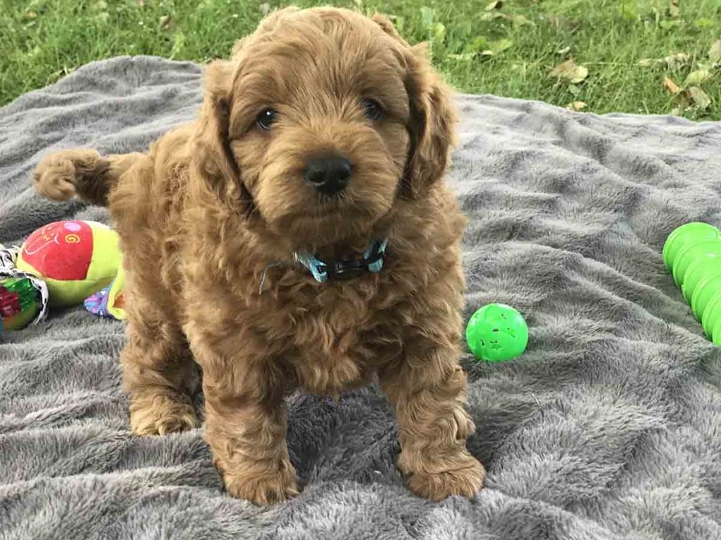Precious Doodle Dogs, Teacup Doodle Dogs, Goldendoodle, Doodle Dog, Golden Doodles, A Star is Born, A star is born goldendoodle, a star is born dog, Bradley Cooper's Dog, Bradley Cooper Dog, Bradley Cooper's Goldendoodle, Goldendoodle for sale, Goldendoodle puppies for sale, Miniature goldendoodle, goldendoodle puppies, mini goldendoodle, mini puppies, mini goldendoodle size, Mini Doodle Dogs, f1 goldendoodle, golden retriever poodle, chocolate goldendoodle, small doodles, goldendoodle temperament, goldendoodle colors, goldendoodle price, white goldendoodle, f2 goldendoodle, mini goldendoodle price, mini goldendoodle full grown, f1 mini goldendoodle, f1b goldendoodle, parti goldendoodle, goldendoodles near me, english goldendoodle, australian goldendoodle, red goldendoodle, doodle breeds, brown goldendoodle, goldendoodle cost, adult mini goldendoodle, golden noodle dog, doodle dog breeds, miniature golden doodle, miniature puppies, golden retriever poodle mix, arizona goldendoodles, goldendoodle training, goldendoodle size, how big do mini goldendoodles get, goldendoodle full grown, baby goldendoodle, goldendoodle houston, golden doodles for sale, adult goldendoodle, apricot goldendoodle, goldendoodle grooming, mini golden doodles, goldendoodle shedding, f2b goldendoodle, goldendoodle hypoallergenic, goldendoodle names, english cream goldendoodle, golden retriever and poodle mix, mini goldendoodle puppies, micro goldendoodle, mini goldendoodle puppies for sale, miniature goldendoodle for sale, goldendoodle puppies for adoption, teddy bear goldendoodle, mini goldendoodle rescue, medium goldendoodle, black goldendoodle, mini goldendoodle for sale near me, goldendoodle puppies for sale near me, mini doodle, doodle puppies, mini goldendoodle for sale, goldendoodle breeders near me, miniature goldendoodle for sale near me, toy goldendoodle, petite goldendoodle, golden doodle dog, miniature goldendoodle puppies, mini goldendoodle puppies for sale near me, goldendoodles for sale near me, mini goldedoodle breeders, goldendoodle adoption, f1b mini goldendoodle, small goldendoodle, teacup goldendoodle, goldendoodle puppies near me, goldendoodle breeders, how to groom a goldendoodle, great doodle puppies, golden doodle mix, goldendoodle tampa, goldendoodle facts, white doodle dog, white goldendoodle puppy, mini goldendoodle maryland, country mini doodles, goldendoodle los angeles, toy labradoodle puppies for sale, types of goldendoodles, mini golden retriever puppies, golden goldendoodle, mini golden retriever puppies for sale, miniature australian goldendoodle, goldendoodle sacramento, goldendoodle omaha, labradoodle goldendoodle, f1 medium goldendoodle, BEST goldendoodles, pictures of mini goldendoodles, teacup goldendoodle full grown, micro mini goldendoodle full grown, toy goldendoodle price, goldendoodle chicago, retriever doodle, teacup goldendoodle puppies for sale, cute goldendoodle, mini teddy bear puppies, miniature goldendoodle full grown, f2 mini goldendoodle, goldendoodle spokane, mini goldendoodle chicago, micro mini goldendoodle, how nbig do miniature goldendoodles get, brown mini goldendoodle, mini doodle breeds, poodle doodle dog, what is a mini goldendoodle, black mini goldendoodle, mini irish doodle puppies for sale, f1b goldendoodle size, toy golden doodles, chocolate brown goldendoodle puppies for sale, petite goldendoodle full grown, goldendoodle behavior, american goldendoodle, f1b medium goldendoodle, goldendoodle puppy cost, cute goldendoodle puppies, goldendoodle indianapolis, teddy goldendoodle, mini goldendoodle weight, teddy bear golden doodles, f1b goldendoodle puppies for sale, miniature goldendoodle size, chocolate goldendoodle puppy, english cream mini goldendoodle, doodle puppies near me, red miniature goldendoodle, cream goldendoodle, goldendoodle puppy cut, mini goldendoodle hypoallergenic, dog breed goldendoodle, goldendoodle poodle mixes, goldendoodle allergies, goldendoodle info, sandy ridge goldendoodles, lakeshore goldendoodles, toy goldendoodle puppies for sale, labradoodle and goldendoodle, goldendoodle las vegas, goldendoodle phoenix, doodle breeders near me, miniature goldendoodle weight, black and white goldendoodle, sarasota goldendoodles, mini goldendoodle dallas, a goldendoodle, what is a goldendoodle, goldendoodle dallas, mini golden doodles for sale, ginger doodle puppy, how much does a mini goldendoodle cost, goldendoodle san antonio, goldendoodle photos, goldendoodle cuts, chocolate mini goldendoodle, all about goldendoodles, goldendoodle cincinnati, black doodle dog, goldendoodle weight, miniature goldendoodle breeders, goldendoodle information, miniature goldendoodle puppies for sale, doodle puppies for sale near me, black labradoodle puppies for sale, goldendoodle seattle, golden doodles near me, teacup goldendoodle for sale, golden retriever poodle puppy, goldendoodle rochester ny, goldendoodle and poodle mix, akc goldendoodle, goldendoodle kansas city, mini goldendoodle facts, goldendoodle austin, goldendoodle doodle, goldendoodle tulsa, curly goldendoodle, brown goldendoodle puppies, f1b labradoodle puppies for sale, red mini goldendoodle, goldendoodle poodle, chocolate goldendoodle for sale, tiny goldendoodle, goldendoodle puppies breeders, english goldendoodle puppies for sale, mini golden labradoodle, f1b mini teddy bear goldendoodles, red goldendoodle puppies for sale, miniature golden retriever breeders, f1 goldendoodles for sale, teacup goldendoodle puppies, toy mini goldendoodle, xs petite goldendoodle, f2 goldendoodle puppies for sale, mini goldendoodle cost, black goldendoodle for sale, english teddy bear goldendoodle, small doodle dogs, goldendoodle nashville, english goldendoodle puppies, golden retriever poodle mix for sale, red goldendoodle puppy, parti goldendoodles for sale, english cream goldendoodles for sale, doodle puppies for sale, golden retriever poodle mix puppies, goldendoodle tucson, f1b mini goldendoodle puppies for sale, mini goldendoodle breeders northeast, teddy bear goldendoodle, toy goldendoodle rescue, petite mini goldendoodle, goldendoodle stuff, mini goldendoodles near me, teddy bear goldendoodle puppies, f1 goldendoodle puppies, teddy bear goldendoodles for sale, silver goldendoodle, buy goldendoodle, mini golden doodle dog, teddy bear goldendoodles mini, micro mini goldendoodle puppies for sale, goldendoodle dogs for sale, best goldendoodle breeders, chocolate goldendoodle puppies for sale, doodle dogs for sale, toy goldendoodle puppies, mini doodle dog, toy goldendoodle breeders, doodles for sale, goldendoodle hypoallergenic dog, mini goldendoodle breeders near me, english goldendoodle breeders, f1b mini goldendoodle for sale, teacup goldendoodle price, petite goldendoodle for sale, mini english goldendoodle, mini goldendoodle info, miniature goldendoodle puppies for sale near me, black goldendoodle puppies for sale, f1 goldendoodle puppies for sale, Teacup Goldendoodles AL, Teacup Goldendoodles AK, Teacup Goldendoodles AZ, Teacup Goldendoodles AR, Teacup Goldendoodles CA, Teacup Goldendoodles CO, Teacup Goldendoodles CT, Teacup Goldendoodles DE, Teacup Goldendoodles FL, Teacup Goldendoodles GA, Teacup Goldendoodles HI, Teacup Goldendoodles ID, Teacup Goldendoodles IL, Teacup Goldendoodles IN, Teacup Goldendoodles IA, Teacup Goldendoodles KS, Teacup Goldendoodles KY, Teacup Goldendoodles LA, Teacup Goldendoodles ME, Teacup Goldendoodles MD, Teacup Goldendoodles MA, Teacup Goldendoodles MI, Teacup Goldendoodles MN, Teacup Goldendoodles MS, Teacup Goldendoodles MO, Teacup Goldendoodles MT, Teacup Goldendoodles NE, Teacup Goldendoodles NV, Teacup Goldendoodles NH, Teacup Goldendoodles NJ, Teacup Goldendoodles NM, Teacup Goldendoodles NY, Teacup Goldendoodles NC, Teacup Goldendoodles ND, Teacup Goldendoodles OH, Teacup Goldendoodles OK, Teacup Goldendoodles OR, Teacup Goldendoodles PA, Teacup Goldendoodles RI, Teacup Goldendoodles SC, Teacup Goldendoodles SD, Teacup Goldendoodles TN, Teacup Goldendoodles TX, Teacup Goldendoodles UT, Teacup Goldendoodles VT, Teacup Goldendoodles VA, Teacup Goldendoodles WA, Teacup Goldendoodles WV, Teacup Goldendoodles WI, Teacup Goldendoodles WY, Teacup Golden Doodles AL, Teacup Golden Doodles AK, Teacup Golden Doodles AZ, Teacup Golden Doodles AR, Teacup Golden Doodles CA, Teacup Golden Doodles CO, Teacup Golden Doodles CT, Teacup Golden Doodles DE, Teacup Golden Doodles FL, Teacup Golden Doodles GA, Teacup Golden Doodles HI, Teacup Golden Doodles ID, Teacup Golden Doodles IL, Teacup Golden Doodles IN, Teacup Golden Doodles IA, Teacup Golden Doodles KS, Teacup Golden Doodles KY, Teacup Golden Doodles LA, Teacup Golden Doodles ME, Teacup Golden Doodles MD, Teacup Golden Doodles MA, Teacup Golden Doodles MI, Teacup Golden Doodles MN, Teacup Golden Doodles MS, Teacup Golden Doodles MO, Teacup Golden Doodles MT, Teacup Golden Doodles NE, Teacup Golden Doodles NV, Teacup Golden Doodles NH, Teacup Golden Doodles NJ, Teacup Golden Doodles NM, Teacup Golden Doodles NY, Teacup Golden Doodles NC, Teacup Golden Doodles ND, Teacup Golden Doodles OH, Teacup Golden Doodles OK, Teacup Golden Doodles OR, Teacup Golden Doodles PA, Teacup Golden Doodles RI, Teacup Golden Doodles SC, Teacup Golden Doodles SD, Teacup Golden Doodles TN, Teacup Golden Doodles TX, Teacup Golden Doodles UT, Teacup Golden Doodles VT, Teacup Golden Doodles VA, Teacup Golden Doodles WA, Teacup Golden Doodles WV, Teacup Golden Doodles WI, Teacup Golden Doodles WY,