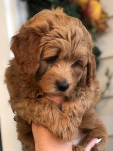 Precious Doodle Dogs, Labradoodle, doodle dog, labradoodle puppies for sale, labra, labradoodle for sale, Mini Doodle Dogs, miniature labradoodle, mini labradoodle, labradoodle puppy, how much is a labradoodle, labradoodle hypoallergenic, miniature labrador, mini labradoodle puppies for sale, labradoodle price, labradoodle shedding, labradoodle near me, miniature puppies for sale, white labradoodle, adult labradoodle, miniature labradoodle for sale, pictures of labradoodles, mini labradoodle puppies, miniature labradoodle puppies, red labradoodle, labradoodle breeders, labradoodle breeders near me, toy labradoodle, f1 labradoodle, small labradoodle, labradoodle for sale near me, golden labradoodle, miniature australian labradoodle, mini australian labradoodle, black labradoodle, labradoodle adoption, labradoodle dog, chocolate labradoodle puppies for sale, f1b labradoodle, labradoodle size, doodle puppies, mini doodle, how big do labradoodles get, brown labradoodle, chocolate labradoodle, mini labradoodle for sale, labradoodle puppies for sale near me, labradoodle cost, labradoodle temperament, labradoodle grooming, black and white labradoodle, mini australian labradoodle temperament, doodles for sale, mini doodle dog, australian labradoodle, full size labradoodle, shaved labradoodle, apricot labradoodle puppy, labradoodle austin, labradoodles austin texas, grown labradoodle, mini doodle breeds, labradoodle puppy cost, american labradoodle, labradoodle price range, f1b miniature labradoodle, labradoodles of long island, mini labradoodle near me, chocolate doodle puppies, labradoodle poodle, great doodle puppies, how big do mini labradoodles get, labradoodle names, are labradoodles smart, eden valley labradoodles, english manor labradoodles, red mini labradoodle, multigen labradoodle, labradoodle weight, labradoodle images, labradoodle cuts, miniture lab, labradoodle pics, labradoodle photos, mini golden labradoodle, miniature chocoalte lab, labradoodle personality, labradoodle facts, baby labradoodle, how much do labradoodles cost, caramel labradoodle, english labradoodle, labradoodles for sale, phantom labradoodle, labradoodle doodle, blue labradoodle, labradoodle colors, labradoodle hunting, labradoodle dog breeds, labradoodle allergies, pictures of labradoodle puppies, miniature lab for sale, lab and poodle mix, mini australian labradoodle cost, multigenerational labradoodle, lab poodle, mini doodles for sale, cute labradoodle, brown and white labradoodle, tiny goldendoodle, mini labradoodle price, f1 labradoodle puppy, brown labradoodle puppy, doodle dogs for sale, f1b mini labradoodle, medium labradoodle size, petite labradoodle, golden labradoodle puppy, black labradoodle puppies, best labradoodle breeders, mini labradoodle adoption, chocolate doodle, mini australian labradoodle, micro mini labradoodle, teacup labradoodle puppies for sale, mini labradoodle full grown, mini labradoodle size, mini australian labradoodle puppies for sale, parti labradoodle, mini chocolate labradoodle, f1 labradoodle puppies for sale, poodle labrador, mini australian doodle, labradoodle puppies for adoption, miniature labradoodle full grown, black miniature labradoodle , red labradoodle puppies, miniature chocolate labradoodle, mini labradoodles for sale near me, black labradoodle puppies for sale, micro labradoodle, chocolate australian labradoodle, apricot labradoodle, labradoodle mix, labradoodle info, australian labradoodle hypoallergenic, lab poodle mix puppy, adult mini labradoodle, family labradoodles, miniature labradoodle size, labradoodle puppies near me, cream labradoodle, chocolate labradoodle puppies, doodle puppies for sale, miniaure labradoodle for sale near me, teacup labradoodle, chocolate labradoodle for sale, chocolate mini labradoodle puppies for sale, miniature labradoodle breeders, silver labradoodle, black australian labradoodle, groodle puppies, mini labradoodle breeders, white labradoodle puppy, where to buy a labradoodle, black mini labradoodle, chocolate labradoodle puppies for sale near me, miniature labradoodle puppies for sale, labradoodle puppies price, labre doodle's, miniature labradoodle puppies, buy labradoodle, mini doodle puppies, mini labradoodle puppies for sale near me, mini labradoodle temperament, micro labradoodle puppies for sale, labradoodle information, golden labradoodle for sale, f1b labradoodle puppies for sale, toy labradoodle puppies for sale, how long do mini labradoodles live, chocolate and white labradoodle, labradoodle stud, labradoodle mini pup, what is a mini labradoodle, mini labradoodle images, mini poodle lab mix, what is a miniature labradoodle, labradoodle more lab than poodle, cute labradoodle puppies, miniature labradoodle puppies for sale, mini labrador breed, miniature labradoodle characteristics, images of miniature labradoodles, Mini Labradoodle Alabama, Mini Labradoodle Alaska, Mini Labradoodle Arizona, Mini Labradoodle Arkansas, Mini Labradoodle California, Mini Labradoodle Colorado, Mini Labradoodle Connecticut, Mini Labradoodle Delaware, Mini Labradoodle Florida, Mini Labradoodle Georgia, Mini Labradoodle Hawaii, Mini Labradoodle Idaho, Mini Labradoodle Illinois, Mini Labradoodle Indiana, Mini Labradoodle Iowa, Mini Labradoodle Kansas, Mini Labradoodle Kentucky, Mini Labradoodle Louisiana, Mini Labradoodle Maine, Mini Labradoodle Maryland, Mini Labradoodle Massachusetts, Mini Labradoodle Michigan, Mini Labradoodle Minnesota, Mini Labradoodle Mississippi, Mini Labradoodle Missouri, Mini Labradoodle Montana, Mini Labradoodle Nebraska, Mini Labradoodle Nevada, Mini Labradoodle New Hampshire, Mini Labradoodle New Jersey, Mini Labradoodle New Mexico, Mini Labradoodle New York, Mini Labradoodle North Carolina, Mini Labradoodle North Dakota, Mini Labradoodle Ohio, Mini Labradoodle Oklahoma, Mini Labradoodle Oregon, Mini Labradoodle Pennsylvania, Mini Labradoodle Rhode Island, Mini Labradoodle South Carolina, Mini Labradoodle South Dakota, Mini Labradoodle Tennessee, Mini Labradoodle Texas, Mini Labradoodle Utah, Mini Labradoodle Vermont, Mini Labradoodle Virginia, Mini Labradoodle Washington, Mini Labradoodle West Virginia, Mini Labradoodle Wisconsin, Mini Labradoodle Wyoming, Miniature Labradoodle Alabama, Miniature Labradoodle Alaska, Miniature Labradoodle Arizona, Miniature Labradoodle Arkansas, Miniature Labradoodle California, Miniature Labradoodle Colorado, Miniature Labradoodle Connecticut, Miniature Labradoodle Delaware, Miniature Labradoodle Florida, Miniature Labradoodle Georgia, Miniature Labradoodle Hawaii, Miniature Labradoodle Idaho, Miniature Labradoodle Illinois, Miniature Labradoodle Indiana, Miniature Labradoodle Iowa, Miniature Labradoodle Kansas, Miniature Labradoodle Kentucky, Miniature Labradoodle Louisiana, Miniature Labradoodle Maine, Miniature Labradoodle Maryland, Miniature Labradoodle Massachusetts, Miniature Labradoodle Michigan, Miniature Labradoodle Minnesota, Miniature Labradoodle Mississippi, Miniature Labradoodle Missouri, Miniature Labradoodle Montana, Miniature Labradoodle Nebraska, Miniature Labradoodle Nevada, Miniature Labradoodle New Hampshire, Miniature Labradoodle New Jersey, Miniature Labradoodle New Mexico, Miniature Labradoodle New York, Miniature Labradoodle North Carolina, Miniature Labradoodle North Dakota, Miniature Labradoodle Ohio, Miniature Labradoodle Oklahoma, Miniature Labradoodle Oregon, Miniature Labradoodle Pennsylvania, Miniature Labradoodle Rhode Island, Miniature Labradoodle South Carolina, Miniature Labradoodle South Dakota, Miniature Labradoodle Tennessee, Miniature Labradoodle Texas, Miniature Labradoodle Utah, Miniature Labradoodle Vermont, Miniature Labradoodle Virginia, Miniature Labradoodle Washington, Miniature Labradoodle West Virginia, Miniature Labradoodle Wisconsin, Miniature Labradoodle Wyoming, Mini Labradoodle puppies for sale Alabama, Mini Labradoodle puppies for sale Alaska, Mini Labradoodle puppies for sale Arizona, Mini Labradoodle puppies for sale Arkansas, Mini Labradoodle puppies for sale California, Mini Labradoodle puppies for sale Colorado, Mini Labradoodle puppies for sale Connecticut, Mini Labradoodle puppies for sale Delaware, Mini Labradoodle puppies for sale Florida, Mini Labradoodle puppies for sale Georgia, Mini Labradoodle puppies for sale Hawaii, Mini Labradoodle puppies for sale Idaho, Mini Labradoodle puppies for sale Illinois, Mini Labradoodle puppies for sale Indiana, Mini Labradoodle puppies for sale Iowa, Mini Labradoodle puppies for sale Kansas, Mini Labradoodle puppies for sale Kentucky, Mini Labradoodle puppies for sale Louisiana, Mini Labradoodle puppies for sale Maine, Mini Labradoodle puppies for sale Maryland, Mini Labradoodle puppies for sale Massachusetts, Mini Labradoodle puppies for sale Michigan, Mini Labradoodle puppies for sale Minnesota, Mini Labradoodle puppies for sale Mississippi, Mini Labradoodle puppies for sale Missouri, Mini Labradoodle puppies for sale Montana, Mini Labradoodle puppies for sale Nebraska, Mini Labradoodle puppies for sale Nevada, Mini Labradoodle puppies for sale New Hampshire, Mini Labradoodle puppies for sale New Jersey, Mini Labradoodle puppies for sale New Mexico, Mini Labradoodle puppies for sale New York, Mini Labradoodle puppies for sale North Carolina, Mini Labradoodle puppies for sale North Dakota, Mini Labradoodle puppies for sale Ohio, Mini Labradoodle puppies for sale Oklahoma, Mini Labradoodle puppies for sale Oregon, Mini Labradoodle puppies for sale Pennsylvania, Mini Labradoodle puppies for sale Rhode Island, Mini Labradoodle puppies for sale South Carolina, Mini Labradoodle puppies for sale South Dakota, Mini Labradoodle puppies for sale Tennessee, Mini Labradoodle puppies for sale Texas, Mini Labradoodle puppies for sale Utah, Mini Labradoodle puppies for sale Vermont, Mini Labradoodle puppies for sale Virginia, Mini Labradoodle puppies for sale Washington, Mini Labradoodle puppies for sale West Virginia, Mini Labradoodle puppies for sale Wisconsin, Mini Labradoodle puppies for sale Wyoming, Labradoodle puppies for sale Alabama, Labradoodle puppies for sale Alaska, Labradoodle puppies for sale Arizona, Labradoodle puppies for sale Arkansas, Labradoodle puppies for sale California, Labradoodle puppies for sale Colorado, Labradoodle puppies for sale Connecticut, Labradoodle puppies for sale Delaware, Labradoodle puppies for sale Florida, Labradoodle puppies for sale Georgia, Labradoodle puppies for sale Hawaii, Labradoodle puppies for sale Idaho, Labradoodle puppies for sale Illinois, Labradoodle puppies for sale Indiana, Labradoodle puppies for sale Iowa, Labradoodle puppies for sale Kansas, Labradoodle puppies for sale Kentucky, Labradoodle puppies for sale Louisiana, Labradoodle puppies for sale Maine, Labradoodle puppies for sale Maryland, Labradoodle puppies for sale Massachusetts, Labradoodle puppies for sale Michigan, Labradoodle puppies for sale Minnesota, Labradoodle puppies for sale Mississippi, Labradoodle puppies for sale Missouri, Labradoodle puppies for sale Montana, Labradoodle puppies for sale Nebraska, Labradoodle puppies for sale Nevada, Labradoodle puppies for sale New Hampshire, Labradoodle puppies for sale New Jersey, Labradoodle puppies for sale New Mexico, Labradoodle puppies for sale New York, Labradoodle puppies for sale North Carolina, Labradoodle puppies for sale North Dakota, Labradoodle puppies for sale Ohio, Labradoodle puppies for sale Oklahoma, Labradoodle puppies for sale Oregon, Labradoodle puppies for sale Pennsylvania, Labradoodle puppies for sale Rhode Island, Labradoodle puppies for sale South Carolina, Labradoodle puppies for sale South Dakota, Labradoodle puppies for sale Tennessee, Labradoodle puppies for sale Texas, Labradoodle puppies for sale Utah, Labradoodle puppies for sale Vermont, Labradoodle puppies for sale Virginia, Labradoodle puppies for sale Washington, Labradoodle puppies for sale West Virginia, Labradoodle puppies for sale Wisconsin, Labradoodle puppies for sale Wyoming, Labradoodles for sale in Alabama, Labradoodles for sale in Alaska, Labradoodles for sale in Arizona, Labradoodles for sale in Arkansas, Labradoodles for sale in California, Labradoodles for sale in Colorado, Labradoodles for sale in Connecticut, Labradoodles for sale in Delaware, Labradoodles for sale in Florida, Labradoodles for sale in Georgia, Labradoodles for sale in Hawaii, Labradoodles for sale in Idaho, Labradoodles for sale in Illinois, Labradoodles for sale in Indiana, Labradoodles for sale in Iowa, Labradoodles for sale in Kansas, Labradoodles for sale in Kentucky, Labradoodles for sale in Louisiana, Labradoodles for sale in Maine, Labradoodles for sale in Maryland, Labradoodles for sale in Massachusetts, Labradoodles for sale in Michigan, Labradoodles for sale in Minnesota, Labradoodles for sale in Mississippi, Labradoodles for sale in Missouri, Labradoodles for sale in Montana, Labradoodles for sale in Nebraska, Labradoodles for sale in Nevada, Labradoodles for sale in New Hampshire, Labradoodles for sale in New Jersey, Labradoodles for sale in New Mexico, Labradoodles for sale in New York, Labradoodles for sale in North Carolina, Labradoodles for sale in North Dakota, Labradoodles for sale in Ohio, Labradoodles for sale in Oklahoma, Labradoodles for sale in Oregon, Labradoodles for sale in Pennsylvania, Labradoodles for sale in Rhode Island, Labradoodles for sale in South Carolina, Labradoodles for sale in South Dakota, Labradoodles for sale in Tennessee, Labradoodles for sale in Texas, Labradoodles for sale in Utah, Labradoodles for sale in Vermont, Labradoodles for sale in Virginia, Labradoodles for sale in Washington, Labradoodles for sale in West Virginia, Labradoodles for sale in Wisconsin, Labradoodles for sale in Wyoming, Labradoodle Alabama, Labradoodle Alaska, Labradoodle Arizona, Labradoodle Arkansas, Labradoodle California, Labradoodle Colorado, Labradoodle Connecticut, Labradoodle Delaware, Labradoodle Florida, Labradoodle Georgia, Labradoodle Hawaii, Labradoodle Idaho, Labradoodle Illinois, Labradoodle Indiana, Labradoodle Iowa, Labradoodle Kansas, Labradoodle Kentucky, Labradoodle Louisiana, Labradoodle Maine, Labradoodle Maryland, Labradoodle Massachusetts, Labradoodle Michigan, Labradoodle Minnesota, Labradoodle Mississippi, Labradoodle Missouri, Labradoodle Montana, Labradoodle Nebraska, Labradoodle Nevada, Labradoodle New Hampshire, Labradoodle New Jersey, Labradoodle New Mexico, Labradoodle New York, Labradoodle North Carolina, Labradoodle North Dakota, Labradoodle Ohio, Labradoodle Oklahoma, Labradoodle Oregon, Labradoodle Pennsylvania, Labradoodle Rhode Island, Labradoodle South Carolina, Labradoodle South Dakota, Labradoodle Tennessee, Labradoodle Texas, Labradoodle Utah, Labradoodle Vermont, Labradoodle Virginia, Labradoodle Washington, Labradoodle West Virginia, Labradoodle Wisconsin, Labradoodle Wyoming, Labradoodle breeders Alabama, Labradoodle breeders Alaska, Labradoodle breeders Arizona, Labradoodle breeders Arkansas, Labradoodle breeders California, Labradoodle breeders Colorado, Labradoodle breeders Connecticut, Labradoodle breeders Delaware, Labradoodle breeders Florida, Labradoodle breeders Georgia, Labradoodle breeders Hawaii, Labradoodle breeders Idaho, Labradoodle breeders Illinois, Labradoodle breeders Indiana, Labradoodle breeders Iowa, Labradoodle breeders Kansas, Labradoodle breeders Kentucky, Labradoodle breeders Louisiana, Labradoodle breeders Maine, Labradoodle breeders Maryland, Labradoodle breeders Massachusetts, Labradoodle breeders Michigan, Labradoodle breeders Minnesota, Labradoodle breeders Mississippi, Labradoodle breeders Missouri, Labradoodle breeders Montana, Labradoodle breeders Nebraska, Labradoodle breeders Nevada, Labradoodle breeders New Hampshire, Labradoodle breeders New Jersey, Labradoodle breeders New Mexico, Labradoodle breeders New York, Labradoodle breeders North Carolina, Labradoodle breeders North Dakota, Labradoodle breeders Ohio, Labradoodle breeders Oklahoma, Labradoodle breeders Oregon, Labradoodle breeders Pennsylvania, Labradoodle breeders Rhode Island, Labradoodle breeders South Carolina, Labradoodle breeders South Dakota, Labradoodle breeders Tennessee, Labradoodle breeders Texas, Labradoodle breeders Utah, Labradoodle breeders Vermont, Labradoodle breeders Virginia, Labradoodle breeders Washington, Labradoodle breeders West Virginia, Labradoodle breeders Wisconsin, Labradoodle breeders Wyoming, Labradoodle puppies Alabama, Labradoodle puppies Alaska, Labradoodle puppies Arizona, Labradoodle puppies Arkansas, Labradoodle puppies California, Labradoodle puppies Colorado, Labradoodle puppies Connecticut, Labradoodle puppies Delaware, Labradoodle puppies Florida, Labradoodle puppies Georgia, Labradoodle puppies Hawaii, Labradoodle puppies Idaho, Labradoodle puppies Illinois, Labradoodle puppies Indiana, Labradoodle puppies Iowa, Labradoodle puppies Kansas, Labradoodle puppies Kentucky, Labradoodle puppies Louisiana, Labradoodle puppies Maine, Labradoodle puppies Maryland, Labradoodle puppies Massachusetts, Labradoodle puppies Michigan, Labradoodle puppies Minnesota, Labradoodle puppies Mississippi, Labradoodle puppies Missouri, Labradoodle puppies Montana, Labradoodle puppies Nebraska, Labradoodle puppies Nevada, Labradoodle puppies New Hampshire, Labradoodle puppies New Jersey, Labradoodle puppies New Mexico, Labradoodle puppies New York, Labradoodle puppies North Carolina, Labradoodle puppies North Dakota, Labradoodle puppies Ohio, Labradoodle puppies Oklahoma, Labradoodle puppies Oregon, Labradoodle puppies Pennsylvania, Labradoodle puppies Rhode Island, Labradoodle puppies South Carolina, Labradoodle puppies South Dakota, Labradoodle puppies Tennessee, Labradoodle puppies Texas, Labradoodle puppies Utah, Labradoodle puppies Vermont, Labradoodle puppies Virginia, Labradoodle puppies Washington, Labradoodle puppies West Virginia, Labradoodle puppies Wisconsin, Labradoodle puppies Wyoming, Toy Labradoodle Alabama, Toy Labradoodle Alaska, Toy Labradoodle Arizona, Toy Labradoodle Arkansas, Toy Labradoodle California, Toy Labradoodle Colorado, Toy Labradoodle Connecticut, Toy Labradoodle Delaware, Toy Labradoodle Florida, Toy Labradoodle Georgia, Toy Labradoodle Hawaii, Toy Labradoodle Idaho, Toy Labradoodle Illinois, Toy Labradoodle Indiana, Toy Labradoodle Iowa, Toy Labradoodle Kansas, Toy Labradoodle Kentucky, Toy Labradoodle Louisiana, Toy Labradoodle Maine, Toy Labradoodle Maryland, Toy Labradoodle Massachusetts, Toy Labradoodle Michigan, Toy Labradoodle Minnesota, Toy Labradoodle Mississippi, Toy Labradoodle Missouri, Toy Labradoodle Montana, Toy Labradoodle Nebraska, Toy Labradoodle Nevada, Toy Labradoodle New Hampshire, Toy Labradoodle New Jersey, Toy Labradoodle New Mexico, Toy Labradoodle New York, Toy Labradoodle North Carolina, Toy Labradoodle North Dakota, Toy Labradoodle Ohio, Toy Labradoodle Oklahoma, Toy Labradoodle Oregon, Toy Labradoodle Pennsylvania, Toy Labradoodle Rhode Island, Toy Labradoodle South Carolina, Toy Labradoodle South Dakota, Toy Labradoodle Tennessee, Toy Labradoodle Texas, Toy Labradoodle Utah, Toy Labradoodle Vermont, Toy Labradoodle Virginia, Toy Labradoodle Washington, Toy Labradoodle West Virginia, Toy Labradoodle Wisconsin, Toy Labradoodle Wyoming, Teacup Labradoodle Alabama, Teacup Labradoodle Alaska, Teacup Labradoodle Arizona, Teacup Labradoodle Arkansas, Teacup Labradoodle California, Teacup Labradoodle Colorado, Teacup Labradoodle Connecticut, Teacup Labradoodle Delaware, Teacup Labradoodle Florida, Teacup Labradoodle Georgia, Teacup Labradoodle Hawaii, Teacup Labradoodle Idaho, Teacup Labradoodle Illinois, Teacup Labradoodle Indiana, Teacup Labradoodle Iowa, Teacup Labradoodle Kansas, Teacup Labradoodle Kentucky, Teacup Labradoodle Louisiana, Teacup Labradoodle Maine, Teacup Labradoodle Maryland, Teacup Labradoodle Massachusetts, Teacup Labradoodle Michigan, Teacup Labradoodle Minnesota, Teacup Labradoodle Mississippi, Teacup Labradoodle Missouri, Teacup Labradoodle Montana, Teacup Labradoodle Nebraska, Teacup Labradoodle Nevada, Teacup Labradoodle New Hampshire, Teacup Labradoodle New Jersey, Teacup Labradoodle New Mexico, Teacup Labradoodle New York, Teacup Labradoodle North Carolina, Teacup Labradoodle North Dakota, Teacup Labradoodle Ohio, Teacup Labradoodle Oklahoma, Teacup Labradoodle Oregon, Teacup Labradoodle Pennsylvania, Teacup Labradoodle Rhode Island, Teacup Labradoodle South Carolina, Teacup Labradoodle South Dakota, Teacup Labradoodle Tennessee, Teacup Labradoodle Texas, Teacup Labradoodle Utah, Teacup Labradoodle Vermont, Teacup Labradoodle Virginia, Teacup Labradoodle Washington, Teacup Labradoodle West Virginia, Teacup Labradoodle Wisconsin, Teacup Labradoodle Wyoming