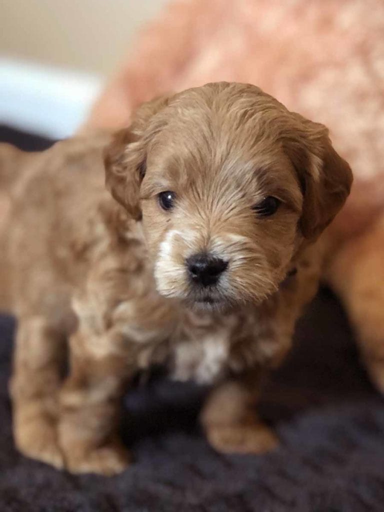 TEACUP GOLDENDOODLE PUPPIES, Precious Doodle Dogs, Teacup Doodle Dogs, Goldendoodle, Doodle Dog, Golden Doodles, Goldendoodle for sale, Goldendoodle puppies for sale, Miniature goldendoodle, goldendoodle puppies, mini goldendoodle, mini puppies, mini goldendoodle size, Mini Doodle Dogs, f1 goldendoodle, golden retriever poodle, chocolate goldendoodle, small doodles, goldendoodle temperament, goldendoodle colors, goldendoodle price, white goldendoodle, f2 goldendoodle, mini goldendoodle price, mini goldendoodle full grown, f1 mini goldendoodle, f1b goldendoodle, parti goldendoodle, goldendoodles near me, english goldendoodle, australian goldendoodle, red goldendoodle, doodle breeds, brown goldendoodle, goldendoodle cost, adult mini goldendoodle, golden noodle dog, doodle dog breeds, miniature golden doodle, miniature puppies, golden retriever poodle mix, A Star is Born, A star is born goldendoodle, a star is born dog, Bradley Cooper's Dog, Bradley Cooper Dog, Bradley Cooper's Goldendoodle, arizona goldendoodles, goldendoodle training, goldendoodle size, how big do mini goldendoodles get, goldendoodle full grown, baby goldendoodle, goldendoodle houston, golden doodles for sale, adult goldendoodle, apricot goldendoodle, goldendoodle grooming, mini golden doodles, goldendoodle shedding, f2b goldendoodle, goldendoodle hypoallergenic, goldendoodle names, english cream goldendoodle, golden retriever and poodle mix, mini goldendoodle puppies, micro goldendoodle, mini goldendoodle puppies for sale, miniature goldendoodle for sale, goldendoodle puppies for adoption, teddy bear goldendoodle, mini goldendoodle rescue, medium goldendoodle, black goldendoodle, mini goldendoodle for sale near me, goldendoodle puppies for sale near me, mini doodle, doodle puppies, mini goldendoodle for sale, goldendoodle breeders near me, miniature goldendoodle for sale near me, toy goldendoodle, petite goldendoodle, golden doodle dog, miniature goldendoodle puppies, mini goldendoodle puppies for sale near me, goldendoodles for sale near me, mini goldedoodle breeders, goldendoodle adoption, f1b mini goldendoodle, small goldendoodle, teacup goldendoodle, goldendoodle puppies near me, goldendoodle breeders, how to groom a goldendoodle, great doodle puppies, golden doodle mix, goldendoodle tampa, goldendoodle facts, white doodle dog, white goldendoodle puppy, mini goldendoodle maryland, country mini doodles, goldendoodle los angeles, toy labradoodle puppies for sale, types of goldendoodles, mini golden retriever puppies, golden goldendoodle, mini golden retriever puppies for sale, miniature australian goldendoodle, goldendoodle sacramento, goldendoodle omaha, labradoodle goldendoodle, f1 medium goldendoodle, BEST goldendoodles, pictures of mini goldendoodles, teacup goldendoodle full grown, micro mini goldendoodle full grown, toy goldendoodle price, goldendoodle chicago, retriever doodle, teacup goldendoodle puppies for sale, cute goldendoodle, mini teddy bear puppies, miniature goldendoodle full grown, f2 mini goldendoodle, goldendoodle spokane, mini goldendoodle chicago, micro mini goldendoodle, how nbig do miniature goldendoodles get, brown mini goldendoodle, mini doodle breeds, poodle doodle dog, what is a mini goldendoodle, black mini goldendoodle, mini irish doodle puppies for sale, f1b goldendoodle size, toy golden doodles, chocolate brown goldendoodle puppies for sale, petite goldendoodle full grown, goldendoodle behavior, american goldendoodle, f1b medium goldendoodle, goldendoodle puppy cost, cute goldendoodle puppies, goldendoodle indianapolis, teddy goldendoodle, mini goldendoodle weight, teddy bear golden doodles, f1b goldendoodle puppies for sale, miniature goldendoodle size, chocolate goldendoodle puppy, english cream mini goldendoodle, doodle puppies near me, red miniature goldendoodle, cream goldendoodle, goldendoodle puppy cut, mini goldendoodle hypoallergenic, dog breed goldendoodle, goldendoodle poodle mixes, goldendoodle allergies, goldendoodle info, sandy ridge goldendoodles, lakeshore goldendoodles, toy goldendoodle puppies for sale, labradoodle and goldendoodle, goldendoodle las vegas, goldendoodle phoenix, doodle breeders near me, miniature goldendoodle weight, black and white goldendoodle, sarasota goldendoodles, mini goldendoodle dallas, a goldendoodle, what is a goldendoodle, goldendoodle dallas, mini golden doodles for sale, ginger doodle puppy, how much does a mini goldendoodle cost, goldendoodle san antonio, goldendoodle photos, goldendoodle cuts, chocolate mini goldendoodle, all about goldendoodles, goldendoodle cincinnati, black doodle dog, goldendoodle weight, miniature goldendoodle breeders, goldendoodle information, miniature goldendoodle puppies for sale, doodle puppies for sale near me, black labradoodle puppies for sale, goldendoodle seattle, golden doodles near me, teacup goldendoodle for sale, golden retriever poodle puppy, goldendoodle rochester ny, goldendoodle and poodle mix, akc goldendoodle, goldendoodle kansas city, mini goldendoodle facts, goldendoodle austin, goldendoodle doodle, goldendoodle tulsa, curly goldendoodle, brown goldendoodle puppies, f1b labradoodle puppies for sale, red mini goldendoodle, goldendoodle poodle, chocolate goldendoodle for sale, tiny goldendoodle, goldendoodle puppies breeders, english goldendoodle puppies for sale, mini golden labradoodle, f1b mini teddy bear goldendoodles, red goldendoodle puppies for sale, miniature golden retriever breeders, f1 goldendoodles for sale, teacup goldendoodle puppies, toy mini goldendoodle, xs petite goldendoodle, f2 goldendoodle puppies for sale, mini goldendoodle cost, black goldendoodle for sale, english teddy bear goldendoodle, small doodle dogs, goldendoodle nashville, english goldendoodle puppies, golden retriever poodle mix for sale, red goldendoodle puppy, parti goldendoodles for sale, english cream goldendoodles for sale, doodle puppies for sale, golden retriever poodle mix puppies, goldendoodle tucson, f1b mini goldendoodle puppies for sale, mini goldendoodle breeders northeast, teddy bear goldendoodle, toy goldendoodle rescue, petite mini goldendoodle, goldendoodle stuff, mini goldendoodles near me, teddy bear goldendoodle puppies, f1 goldendoodle puppies, teddy bear goldendoodles for sale, silver goldendoodle, buy goldendoodle, mini golden doodle dog, teddy bear goldendoodles mini, micro mini goldendoodle puppies for sale, goldendoodle dogs for sale, best goldendoodle breeders, chocolate goldendoodle puppies for sale, doodle dogs for sale, toy goldendoodle puppies, mini doodle dog, toy goldendoodle breeders, doodles for sale, goldendoodle hypoallergenic dog, mini goldendoodle breeders near me, english goldendoodle breeders, f1b mini goldendoodle for sale, teacup goldendoodle price, petite goldendoodle for sale, mini english goldendoodle, mini goldendoodle info, miniature goldendoodle puppies for sale near me, black goldendoodle puppies for sale, f1 goldendoodle puppies for sale, Teacup Goldendoodles AL, Teacup Goldendoodles AK, Teacup Goldendoodles AZ, Teacup Goldendoodles AR, Teacup Goldendoodles CA, Teacup Goldendoodles CO, Teacup Goldendoodles CT, Teacup Goldendoodles DE, Teacup Goldendoodles FL, Teacup Goldendoodles GA, Teacup Goldendoodles HI, Teacup Goldendoodles ID, Teacup Goldendoodles IL, Teacup Goldendoodles IN, Teacup Goldendoodles IA, Teacup Goldendoodles KS, Teacup Goldendoodles KY, Teacup Goldendoodles LA, Teacup Goldendoodles ME, Teacup Goldendoodles MD, Teacup Goldendoodles MA, Teacup Goldendoodles MI, Teacup Goldendoodles MN, Teacup Goldendoodles MS, Teacup Goldendoodles MO, Teacup Goldendoodles MT, Teacup Goldendoodles NE, Teacup Goldendoodles NV, Teacup Goldendoodles NH, Teacup Goldendoodles NJ, Teacup Goldendoodles NM, Teacup Goldendoodles NY, Teacup Goldendoodles NC, Teacup Goldendoodles ND, Teacup Goldendoodles OH, Teacup Goldendoodles OK, Teacup Goldendoodles OR, Teacup Goldendoodles PA, Teacup Goldendoodles RI, Teacup Goldendoodles SC, Teacup Goldendoodles SD, Teacup Goldendoodles TN, Teacup Goldendoodles TX, Teacup Goldendoodles UT, Teacup Goldendoodles VT, Teacup Goldendoodles VA, Teacup Goldendoodles WA, Teacup Goldendoodles WV, Teacup Goldendoodles WI, Teacup Goldendoodles WY, Teacup Golden Doodles AL, Teacup Golden Doodles AK, Teacup Golden Doodles AZ, Teacup Golden Doodles AR, Teacup Golden Doodles CA, Teacup Golden Doodles CO, Teacup Golden Doodles CT, Teacup Golden Doodles DE, Teacup Golden Doodles FL, Teacup Golden Doodles GA, Teacup Golden Doodles HI, Teacup Golden Doodles ID, Teacup Golden Doodles IL, Teacup Golden Doodles IN, Teacup Golden Doodles IA, Teacup Golden Doodles KS, Teacup Golden Doodles KY, Teacup Golden Doodles LA, Teacup Golden Doodles ME, Teacup Golden Doodles MD, Teacup Golden Doodles MA, Teacup Golden Doodles MI, Teacup Golden Doodles MN, Teacup Golden Doodles MS, Teacup Golden Doodles MO, Teacup Golden Doodles MT, Teacup Golden Doodles NE, Teacup Golden Doodles NV, Teacup Golden Doodles NH, Teacup Golden Doodles NJ, Teacup Golden Doodles NM, Teacup Golden Doodles NY, Teacup Golden Doodles NC, Teacup Golden Doodles ND, Teacup Golden Doodles OH, Teacup Golden Doodles OK, Teacup Golden Doodles OR, Teacup Golden Doodles PA, Teacup Golden Doodles RI, Teacup Golden Doodles SC, Teacup Golden Doodles SD, Teacup Golden Doodles TN, Teacup Golden Doodles TX, Teacup Golden Doodles UT, Teacup Golden Doodles VT, Teacup Golden Doodles VA, Teacup Golden Doodles WA, Teacup Golden Doodles WV, Teacup Golden Doodles WI, Teacup Golden Doodles WY, Toy Goldendoodle Alabama, Toy Goldendoodle Alaska, Toy Goldendoodle Arizona, Toy Goldendoodle Arkansas, Toy Goldendoodle California, Toy Goldendoodle Colorado, Toy Goldendoodle Connecticut, Toy Goldendoodle Delaware, Toy Goldendoodle Florida, Toy Goldendoodle Georgia, Toy Goldendoodle Hawaii, Toy Goldendoodle Idaho, Toy Goldendoodle Illinois, Toy Goldendoodle Indiana, Toy Goldendoodle Iowa, Toy Goldendoodle Kansas, Toy Goldendoodle Kentucky, Toy Goldendoodle Louisiana, Toy Goldendoodle Maine, Toy Goldendoodle Maryland, Toy Goldendoodle Massachusetts, Toy Goldendoodle Michigan, Toy Goldendoodle Minnesota, Toy Goldendoodle Mississippi, Toy Goldendoodle Missouri, Toy Goldendoodle Montana, Toy Goldendoodle Nebraska, Toy Goldendoodle Nevada, Toy Goldendoodle New Hampshire, Toy Goldendoodle New Jersey, Toy Goldendoodle New Mexico, Toy Goldendoodle New York, Toy Goldendoodle North Carolina, Toy Goldendoodle North Dakota, Toy Goldendoodle Ohio, Toy Goldendoodle Oklahoma, Toy Goldendoodle Oregon, Toy Goldendoodle Pennsylvania, Toy Goldendoodle Rhode Island, Toy Goldendoodle South Carolina, Toy Goldendoodle South Dakota, Toy Goldendoodle Tennessee, Toy Goldendoodle Texas, Toy Goldendoodle Utah, Toy Goldendoodle Vermont, Toy Goldendoodle Virginia, Toy Goldendoodle Washington, Toy Goldendoodle West Virginia, Toy Goldendoodle Wisconsin, Toy Goldendoodle Wyoming, Mini Goldendoodle breeders AL, Mini Goldendoodle breeders AK, Mini Goldendoodle breeders AZ, Mini Goldendoodle breeders AR, Mini Goldendoodle breeders CA, Mini Goldendoodle breeders CO, Mini Goldendoodle breeders CT, Mini Goldendoodle breeders DE, Mini Goldendoodle breeders FL, Mini Goldendoodle breeders GA, Mini Goldendoodle breeders HI, Mini Goldendoodle breeders ID, Mini Goldendoodle breeders IL, Mini Goldendoodle breeders IN, Mini Goldendoodle breeders IA, Mini Goldendoodle breeders KS, Mini Goldendoodle breeders KY, Mini Goldendoodle breeders LA, Mini Goldendoodle breeders ME, Mini Goldendoodle breeders MD, Mini Goldendoodle breeders MA, Mini Goldendoodle breeders MI, Mini Goldendoodle breeders MN, Mini Goldendoodle breeders MS, Mini Goldendoodle breeders MO, Mini Goldendoodle breeders MT, Mini Goldendoodle breeders NE, Mini Goldendoodle breeders NV, Mini Goldendoodle breeders NH, Mini Goldendoodle breeders NJ, Mini Goldendoodle breeders NM, Mini Goldendoodle breeders NY, Mini Goldendoodle breeders NC, Mini Goldendoodle breeders ND, Mini Goldendoodle breeders OH, Mini Goldendoodle breeders OK, Mini Goldendoodle breeders OR, Mini Goldendoodle breeders PA, Mini Goldendoodle breeders RI, Mini Goldendoodle breeders SC, Mini Goldendoodle breeders SD, Mini Goldendoodle breeders TN, Mini Goldendoodle breeders TX, Mini Goldendoodle breeders UT, Mini Goldendoodle breeders VT, Mini Goldendoodle breeders VA, Mini Goldendoodle breeders WA, Mini Goldendoodle breeders WV, Mini Goldendoodle breeders WI, Mini Goldendoodle breeders WY, Mini Goldendoodle puppies for sale in AL, Mini Goldendoodle puppies for sale in AK, Mini Goldendoodle puppies for sale in AZ, Mini Goldendoodle puppies for sale in AR, Mini Goldendoodle puppies for sale in CA, Mini Goldendoodle puppies for sale in CO, Mini Goldendoodle puppies for sale in CT, Mini Goldendoodle puppies for sale in DE, Mini Goldendoodle puppies for sale in FL, Mini Goldendoodle puppies for sale in GA, Mini Goldendoodle puppies for sale in HI, Mini Goldendoodle puppies for sale in ID, Mini Goldendoodle puppies for sale in IL, Mini Goldendoodle puppies for sale in IN, Mini Goldendoodle puppies for sale in IA, Mini Goldendoodle puppies for sale in KS, Mini Goldendoodle puppies for sale in KY, Mini Goldendoodle puppies for sale in LA, Mini Goldendoodle puppies for sale in ME, Mini Goldendoodle puppies for sale in MD, Mini Goldendoodle puppies for sale in MA, Mini Goldendoodle puppies for sale in MI, Mini Goldendoodle puppies for sale in MN, Mini Goldendoodle puppies for sale in MS, Mini Goldendoodle puppies for sale in MO, Mini Goldendoodle puppies for sale in MT, Mini Goldendoodle puppies for sale in NE, Mini Goldendoodle puppies for sale in NV, Mini Goldendoodle puppies for sale in NH, Mini Goldendoodle puppies for sale in NJ, Mini Goldendoodle puppies for sale in NM, Mini Goldendoodle puppies for sale in NY, Mini Goldendoodle puppies for sale in NC, Mini Goldendoodle puppies for sale in ND, Mini Goldendoodle puppies for sale in OH, Mini Goldendoodle puppies for sale in OK, Mini Goldendoodle puppies for sale in OR, Mini Goldendoodle puppies for sale in PA, Mini Goldendoodle puppies for sale in RI, Mini Goldendoodle puppies for sale in SC, Mini Goldendoodle puppies for sale in SD, Mini Goldendoodle puppies for sale in TN, Mini Goldendoodle puppies for sale in TX, Mini Goldendoodle puppies for sale in UT, Mini Goldendoodle puppies for sale in VT, Mini Goldendoodle puppies for sale in VA, Mini Goldendoodle puppies for sale in WA, Mini Goldendoodle puppies for sale in WV, Mini Goldendoodle puppies for sale in WI, Mini Goldendoodle puppies for sale in WY, Miniature Goldendoodles for sale in AL, Miniature Goldendoodles for sale in AK, Miniature Goldendoodles for sale in AZ, Miniature Goldendoodles for sale in AR, Miniature Goldendoodles for sale in CA, Miniature Goldendoodles for sale in CO, Miniature Goldendoodles for sale in CT, Miniature Goldendoodles for sale in DE, Miniature Goldendoodles for sale in FL, Miniature Goldendoodles for sale in GA, Miniature Goldendoodles for sale in HI, Miniature Goldendoodles for sale in ID, Miniature Goldendoodles for sale in IL, Miniature Goldendoodles for sale in IN, Miniature Goldendoodles for sale in IA, Miniature Goldendoodles for sale in KS, Miniature Goldendoodles for sale in KY, Miniature Goldendoodles for sale in LA, Miniature Goldendoodles for sale in ME, Miniature Goldendoodles for sale in MD, Miniature Goldendoodles for sale in MA, Miniature Goldendoodles for sale in MI, Miniature Goldendoodles for sale in MN, Miniature Goldendoodles for sale in MS, Miniature Goldendoodles for sale in MO, Miniature Goldendoodles for sale in MT, Miniature Goldendoodles for sale in NE, Miniature Goldendoodles for sale in NV, Miniature Goldendoodles for sale in NH, Miniature Goldendoodles for sale in NJ, Miniature Goldendoodles for sale in NM, Miniature Goldendoodles for sale in NY, Miniature Goldendoodles for sale in NC, Miniature Goldendoodles for sale in ND, Miniature Goldendoodles for sale in OH, Miniature Goldendoodles for sale in OK, Miniature Goldendoodles for sale in OR, Miniature Goldendoodles for sale in PA, Miniature Goldendoodles for sale in RI, Miniature Goldendoodles for sale in SC, Miniature Goldendoodles for sale in SD, Miniature Goldendoodles for sale in TN, Miniature Goldendoodles for sale in TX, Miniature Goldendoodles for sale in UT, Miniature Goldendoodles for sale in VT, Miniature Goldendoodles for sale in VA, Miniature Goldendoodles for sale in WA, Miniature Goldendoodles for sale in WV, Miniature Goldendoodles for sale in WI, Miniature Goldendoodles for sale in WY, Miniature Goldendoodle Alabama, Miniature Goldendoodle Alaska, Miniature Goldendoodle Arizona, Miniature Goldendoodle Arkansas, Miniature Goldendoodle California, Miniature Goldendoodle Colorado, Miniature Goldendoodle Connecticut, Miniature Goldendoodle Delaware, Miniature Goldendoodle Florida, Miniature Goldendoodle Georgia, Miniature Goldendoodle Hawaii, Miniature Goldendoodle Idaho, Miniature Goldendoodle Illinois, Miniature Goldendoodle Indiana, Miniature Goldendoodle Iowa, Miniature Goldendoodle Kansas, Miniature Goldendoodle Kentucky, Miniature Goldendoodle Louisiana, Miniature Goldendoodle Maine, Miniature Goldendoodle Maryland, Miniature Goldendoodle Massachusetts, Miniature Goldendoodle Michigan, Miniature Goldendoodle Minnesota, Miniature Goldendoodle Mississippi, Miniature Goldendoodle Missouri, Miniature Goldendoodle Montana, Miniature Goldendoodle Nebraska, Miniature Goldendoodle Nevada, Miniature Goldendoodle New Hampshire, Miniature Goldendoodle New Jersey, Miniature Goldendoodle New Mexico, Miniature Goldendoodle New York, Miniature Goldendoodle North Carolina, Miniature Goldendoodle North Dakota, Miniature Goldendoodle Ohio, Miniature Goldendoodle Oklahoma, Miniature Goldendoodle Oregon, Miniature Goldendoodle Pennsylvania, Miniature Goldendoodle Rhode Island, Miniature Goldendoodle South Carolina, Miniature Goldendoodle South Dakota, Miniature Goldendoodle Tennessee, Miniature Goldendoodle Texas, Miniature Goldendoodle Utah, Miniature Goldendoodle Vermont, Miniature Goldendoodle Virginia, Miniature Goldendoodle Washington, Miniature Goldendoodle West Virginia, Miniature Goldendoodle Wisconsin, Miniature Goldendoodle Wyoming, Goldendoodle Breeders AL, Goldendoodle Breeders AK, Goldendoodle Breeders AZ, Goldendoodle Breeders AR, Goldendoodle Breeders CA, Goldendoodle Breeders CO, Goldendoodle Breeders CT, Goldendoodle Breeders DE, Goldendoodle Breeders FL, Goldendoodle Breeders GA, Goldendoodle Breeders HI, Goldendoodle Breeders ID, Goldendoodle Breeders IL, Goldendoodle Breeders IN, Goldendoodle Breeders IA, Goldendoodle Breeders KS, Goldendoodle Breeders KY, Goldendoodle Breeders LA, Goldendoodle Breeders ME, Goldendoodle Breeders MD, Goldendoodle Breeders MA, Goldendoodle Breeders MI, Goldendoodle Breeders MN, Goldendoodle Breeders MS, Goldendoodle Breeders MO, Goldendoodle Breeders MT, Goldendoodle Breeders NE, Goldendoodle Breeders NV, Goldendoodle Breeders NH, Goldendoodle Breeders NJ, Goldendoodle Breeders NM, Goldendoodle Breeders NY, Goldendoodle Breeders NC, Goldendoodle Breeders ND, Goldendoodle Breeders OH, Goldendoodle Breeders OK, Goldendoodle Breeders OR, Goldendoodle Breeders PA, Goldendoodle Breeders RI, Goldendoodle Breeders SC, Goldendoodle Breeders SD, Goldendoodle Breeders TN, Goldendoodle Breeders TX, Goldendoodle Breeders UT, Goldendoodle Breeders VT, Goldendoodle Breeders VA, Goldendoodle Breeders WA, Goldendoodle Breeders WV, Goldendoodle Breeders WI, Goldendoodle Breeders WY, Goldendoodles for sale in AL, Goldendoodles for sale in AK, Goldendoodles for sale in AZ, Goldendoodles for sale in AR, Goldendoodles for sale in CA, Goldendoodles for sale in CO, Goldendoodles for sale in CT, Goldendoodles for sale in DE, Goldendoodles for sale in FL, Goldendoodles for sale in GA, Goldendoodles for sale in HI, Goldendoodles for sale in ID, Goldendoodles for sale in IL, Goldendoodles for sale in IN, Goldendoodles for sale in IA, Goldendoodles for sale in KS, Goldendoodles for sale in KY, Goldendoodles for sale in LA, Goldendoodles for sale in ME, Goldendoodles for sale in MD, Goldendoodles for sale in MA, Goldendoodles for sale in MI, Goldendoodles for sale in MN, Goldendoodles for sale in MS, Goldendoodles for sale in MO, Goldendoodles for sale in MT, Goldendoodles for sale in NE, Goldendoodles for sale in NV, Goldendoodles for sale in NH, Goldendoodles for sale in NJ, Goldendoodles for sale in NM, Goldendoodles for sale in NY, Goldendoodles for sale in NC, Goldendoodles for sale in ND, Goldendoodles for sale in OH, Goldendoodles for sale in OK, Goldendoodles for sale in OR, Goldendoodles for sale in PA, Goldendoodles for sale in RI, Goldendoodles for sale in SC, Goldendoodles for sale in SD, Goldendoodles for sale in TN, Goldendoodles for sale in TX, Goldendoodles for sale in UT, Goldendoodles for sale in VT, Goldendoodles for sale in VA, Goldendoodles for sale in WA, Goldendoodles for sale in WV, Goldendoodles for sale in WI, Goldendoodles for sale in WY,