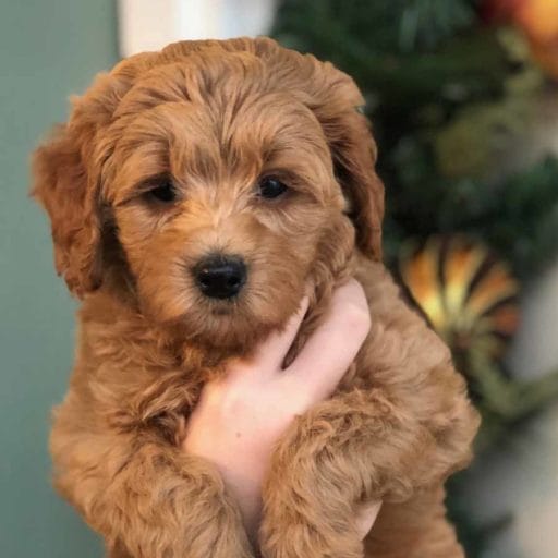 TEACUP Teacup Labradoodle, Micro Labradoodle, Micro Labradoodles, Toy Labradoodle, Mini Doodle Dogs, Labradoodle, doodle dog, labradoodle puppies for sale, labra, labradoodle for sale, miniature labradoodle, mini labradoodle, labradoodle puppy, how much is a labradoodle, labradoodle hypoallergenic, miniature labrador, mini labradoodle puppies for sale, labradoodle price, labradoodle shedding, labradoodle near me, miniature puppies for sale, white labradoodle, adult labradoodle, miniature labradoodle for sale, pictures of labradoodles, mini labradoodle puppies, miniature labradoodle puppies, red labradoodle, labradoodle breeders, labradoodle breeders near me, toy labradoodle, f1 labradoodle, small labradoodle, labradoodle for sale near me, golden labradoodle, miniature australian labradoodle, mini australian labradoodle, black labradoodle, labradoodle adoption, labradoodle dog, chocolate labradoodle puppies for sale, f1b labradoodle, labradoodle size, doodle puppies, mini doodle, how big do labradoodles get, brown labradoodle, chocolate labradoodle, mini labradoodle for sale, labradoodle puppies for sale near me, labradoodle cost, labradoodle temperament, labradoodle grooming, black and white labradoodle, mini australian labradoodle temperament, doodles for sale, mini doodle dog, australian labradoodle, full size labradoodle, shaved labradoodle, apricot labradoodle puppy, labradoodle austin, labradoodles austin texas, grown labradoodle, mini doodle breeds, labradoodle puppy cost, american labradoodle, labradoodle price range, f1b miniature labradoodle, labradoodles of long island, mini labradoodle near me, chocolate doodle puppies, labradoodle poodle, great doodle puppies, how big do mini labradoodles get, labradoodle names, are labradoodles smart, eden valley labradoodles, english manor labradoodles, red mini labradoodle, multigen labradoodle, labradoodle weight, labradoodle images, labradoodle cuts, miniture lab, labradoodle pics, labradoodle photos, mini golden labradoodle, miniature chocoalte lab, labradoodle personality, labradoodle facts, baby labradoodle, how much do labradoodles cost, caramel labradoodle, english labradoodle, labradoodles for sale, phantom labradoodle, labradoodle doodle, blue labradoodle, labradoodle colors, labradoodle hunting, labradoodle dog breeds, labradoodle allergies, pictures of labradoodle puppies, miniature lab for sale, lab and poodle mix, mini australian labradoodle cost, multigenerational labradoodle, lab poodle, mini doodles for sale, cute labradoodle, brown and white labradoodle, tiny goldendoodle, mini labradoodle price, f1 labradoodle puppy, brown labradoodle puppy, doodle dogs for sale, f1b mini labradoodle, medium labradoodle size, petite labradoodle, golden labradoodle puppy, black labradoodle puppies, best labradoodle breeders, mini labradoodle adoption, chocolate doodle, mini australian labradoodle, micro mini labradoodle, teacup labradoodle puppies for sale, mini labradoodle full grown, mini labradoodle size, mini australian labradoodle puppies for sale, parti labradoodle, mini chocolate labradoodle, f1 labradoodle puppies for sale, poodle labrador, mini australian doodle, labradoodle puppies for adoption, miniature labradoodle full grown, black miniature labradoodle , red labradoodle puppies, miniature chocolate labradoodle, mini labradoodles for sale near me, black labradoodle puppies for sale, micro labradoodle, chocolate australian labradoodle, apricot labradoodle, labradoodle mix, labradoodle info, australian labradoodle hypoallergenic, lab poodle mix puppy, adult mini labradoodle, family labradoodles, miniature labradoodle size, labradoodle puppies near me, cream labradoodle, chocolate labradoodle puppies, doodle puppies for sale, miniaure labradoodle for sale near me, teacup labradoodle, chocolate labradoodle for sale, chocolate mini labradoodle puppies for sale, miniature labradoodle breeders, silver labradoodle, black australian labradoodle, groodle puppies, mini labradoodle breeders, white labradoodle puppy, where to buy a labradoodle, black mini labradoodle, chocolate labradoodle puppies for sale near me, miniature labradoodle puppies for sale, labradoodle puppies price, labre doodle's, miniature labradoodle puppies, buy labradoodle, mini doodle puppies, mini labradoodle puppies for sale near me, mini labradoodle temperament, micro labradoodle puppies for sale, labradoodle information, golden labradoodle for sale, f1b labradoodle puppies for sale, toy labradoodle puppies for sale, how long do mini labradoodles live, chocolate and white labradoodle, labradoodle stud, labradoodle mini pup, what is a mini labradoodle, mini labradoodle images, mini poodle lab mix, what is a miniature labradoodle, labradoodle more lab than poodle, cute labradoodle puppies, miniature labradoodle puppies for sale, mini labrador breed, miniature labradoodle characteristics, images of miniature labradoodles, Teacup Labradoodle Alabama, Teacup Labradoodle Alaska, Teacup Labradoodle Arizona, Teacup Labradoodle Arkansas, Teacup Labradoodle California, Teacup Labradoodle Colorado, Teacup Labradoodle Connecticut, Teacup Labradoodle Delaware, Teacup Labradoodle Florida, Teacup Labradoodle Georgia, Teacup Labradoodle Hawaii, Teacup Labradoodle Idaho, Teacup Labradoodle Illinois, Teacup Labradoodle Indiana, Teacup Labradoodle Iowa, Teacup Labradoodle Kansas, Teacup Labradoodle Kentucky, Teacup Labradoodle Louisiana, Teacup Labradoodle Maine, Teacup Labradoodle Maryland, Teacup Labradoodle Massachusetts, Teacup Labradoodle Michigan, Teacup Labradoodle Minnesota, Teacup Labradoodle Mississippi, Teacup Labradoodle Missouri, Teacup Labradoodle Montana, Teacup Labradoodle Nebraska, Teacup Labradoodle Nevada, Teacup Labradoodle New Hampshire, Teacup Labradoodle New Jersey, Teacup Labradoodle New Mexico, Teacup Labradoodle New York, Teacup Labradoodle North Carolina, Teacup Labradoodle North Dakota, Teacup Labradoodle Ohio, Teacup Labradoodle Oklahoma, Teacup Labradoodle Oregon, Teacup Labradoodle Pennsylvania, Teacup Labradoodle Rhode Island, Teacup Labradoodle South Carolina, Teacup Labradoodle South Dakota, Teacup Labradoodle Tennessee, Teacup Labradoodle Texas, Teacup Labradoodle Utah, Teacup Labradoodle Vermont, Teacup Labradoodle Virginia, Teacup Labradoodle Washington, Teacup Labradoodle West Virginia, Teacup Labradoodle Wisconsin, Teacup Labradoodle Wyoming, Toy Labradoodle Alabama, Toy Labradoodle Alaska, Toy Labradoodle Arizona, Toy Labradoodle Arkansas, Toy Labradoodle California, Toy Labradoodle Colorado, Toy Labradoodle Connecticut, Toy Labradoodle Delaware, Toy Labradoodle Florida, Toy Labradoodle Georgia, Toy Labradoodle Hawaii, Toy Labradoodle Idaho, Toy Labradoodle Illinois, Toy Labradoodle Indiana, Toy Labradoodle Iowa, Toy Labradoodle Kansas, Toy Labradoodle Kentucky, Toy Labradoodle Louisiana, Toy Labradoodle Maine, Toy Labradoodle Maryland, Toy Labradoodle Massachusetts, Toy Labradoodle Michigan, Toy Labradoodle Minnesota, Toy Labradoodle Mississippi, Toy Labradoodle Missouri, Toy Labradoodle Montana, Toy Labradoodle Nebraska, Toy Labradoodle Nevada, Toy Labradoodle New Hampshire, Toy Labradoodle New Jersey, Toy Labradoodle New Mexico, Toy Labradoodle New York, Toy Labradoodle North Carolina, Toy Labradoodle North Dakota, Toy Labradoodle Ohio, Toy Labradoodle Oklahoma, Toy Labradoodle Oregon, Toy Labradoodle Pennsylvania, Toy Labradoodle Rhode Island, Toy Labradoodle South Carolina, Toy Labradoodle South Dakota, Toy Labradoodle Tennessee, Toy Labradoodle Texas, Toy Labradoodle Utah, Toy Labradoodle Vermont, Toy Labradoodle Virginia, Toy Labradoodle Washington, Toy Labradoodle West Virginia, Toy Labradoodle Wisconsin, Toy Labradoodle Wyoming, Mini Labradoodle puppies for sale Alabama, Mini Labradoodle puppies for sale Alaska, Mini Labradoodle puppies for sale Arizona, Mini Labradoodle puppies for sale Arkansas, Mini Labradoodle puppies for sale California, Mini Labradoodle puppies for sale Colorado, Mini Labradoodle puppies for sale Connecticut, Mini Labradoodle puppies for sale Delaware, Mini Labradoodle puppies for sale Florida, Mini Labradoodle puppies for sale Georgia, Mini Labradoodle puppies for sale Hawaii, Mini Labradoodle puppies for sale Idaho, Mini Labradoodle puppies for sale Illinois, Mini Labradoodle puppies for sale Indiana, Mini Labradoodle puppies for sale Iowa, Mini Labradoodle puppies for sale Kansas, Mini Labradoodle puppies for sale Kentucky, Mini Labradoodle puppies for sale Louisiana, Mini Labradoodle puppies for sale Maine, Mini Labradoodle puppies for sale Maryland, Mini Labradoodle puppies for sale Massachusetts, Mini Labradoodle puppies for sale Michigan, Mini Labradoodle puppies for sale Minnesota, Mini Labradoodle puppies for sale Mississippi, Mini Labradoodle puppies for sale Missouri, Mini Labradoodle puppies for sale Montana, Mini Labradoodle puppies for sale Nebraska, Mini Labradoodle puppies for sale Nevada, Mini Labradoodle puppies for sale New Hampshire, Mini Labradoodle puppies for sale New Jersey, Mini Labradoodle puppies for sale New Mexico, Mini Labradoodle puppies for sale New York, Mini Labradoodle puppies for sale North Carolina, Mini Labradoodle puppies for sale North Dakota, Mini Labradoodle puppies for sale Ohio, Mini Labradoodle puppies for sale Oklahoma, Mini Labradoodle puppies for sale Oregon, Mini Labradoodle puppies for sale Pennsylvania, Mini Labradoodle puppies for sale Rhode Island, Mini Labradoodle puppies for sale South Carolina, Mini Labradoodle puppies for sale South Dakota, Mini Labradoodle puppies for sale Tennessee, Mini Labradoodle puppies for sale Texas, Mini Labradoodle puppies for sale Utah, Mini Labradoodle puppies for sale Vermont, Mini Labradoodle puppies for sale Virginia, Mini Labradoodle puppies for sale Washington, Mini Labradoodle puppies for sale West Virginia, Mini Labradoodle puppies for sale Wisconsin, Mini Labradoodle puppies for sale Wyoming, Teacup Labradoodle puppies for sale Alabama, Teacup Labradoodle puppies for sale Alaska, Teacup Labradoodle puppies for sale Arizona, Teacup Labradoodle puppies for sale Arkansas, Teacup Labradoodle puppies for sale California, Teacup Labradoodle puppies for sale Colorado, Teacup Labradoodle puppies for sale Connecticut, Teacup Labradoodle puppies for sale Delaware, Teacup Labradoodle puppies for sale Florida, Teacup Labradoodle puppies for sale Georgia, Teacup Labradoodle puppies for sale Hawaii, Teacup Labradoodle puppies for sale Idaho, Teacup Labradoodle puppies for sale Illinois, Teacup Labradoodle puppies for sale Indiana, Teacup Labradoodle puppies for sale Iowa, Teacup Labradoodle puppies for sale Kansas, Teacup Labradoodle puppies for sale Kentucky, Teacup Labradoodle puppies for sale Louisiana, Teacup Labradoodle puppies for sale Maine, Teacup Labradoodle puppies for sale Maryland, Teacup Labradoodle puppies for sale Massachusetts, Teacup Labradoodle puppies for sale Michigan, Teacup Labradoodle puppies for sale Minnesota, Teacup Labradoodle puppies for sale Mississippi, Teacup Labradoodle puppies for sale Missouri, Teacup Labradoodle puppies for sale Montana, Teacup Labradoodle puppies for sale Nebraska, Teacup Labradoodle puppies for sale Nevada, Teacup Labradoodle puppies for sale New Hampshire, Teacup Labradoodle puppies for sale New Jersey, Teacup Labradoodle puppies for sale New Mexico, Teacup Labradoodle puppies for sale New York, Teacup Labradoodle puppies for sale North Carolina, Teacup Labradoodle puppies for sale North Dakota, Teacup Labradoodle puppies for sale Ohio, Teacup Labradoodle puppies for sale Oklahoma, Teacup Labradoodle puppies for sale Oregon, Teacup Labradoodle puppies for sale Pennsylvania, Teacup Labradoodle puppies for sale Rhode Island, Teacup Labradoodle puppies for sale South Carolina, Teacup Labradoodle puppies for sale South Dakota, Teacup Labradoodle puppies for sale Tennessee, Teacup Labradoodle puppies for sale Texas, Teacup Labradoodle puppies for sale Utah, Teacup Labradoodle puppies for sale Vermont, Teacup Labradoodle puppies for sale Virginia, Teacup Labradoodle puppies for sale Washington, Teacup Labradoodle puppies for sale West Virginia, Teacup Labradoodle puppies for sale Wisconsin, Teacup Labradoodle puppies for sale Wyoming, Micro Labradoodles for sale in Alabama, Micro Labradoodles for sale in Alaska, Micro Labradoodles for sale in Arizona, Micro Labradoodles for sale in Arkansas, Micro Labradoodles for sale in California, Micro Labradoodles for sale in Colorado, Micro Labradoodles for sale in Connecticut, Micro Labradoodles for sale in Delaware, Micro Labradoodles for sale in Florida, Micro Labradoodles for sale in Georgia, Micro Labradoodles for sale in Hawaii, Micro Labradoodles for sale in Idaho, Micro Labradoodles for sale in Illinois, Micro Labradoodles for sale in Indiana, Micro Labradoodles for sale in Iowa, Micro Labradoodles for sale in Kansas, Micro Labradoodles for sale in Kentucky, Micro Labradoodles for sale in Louisiana, Micro Labradoodles for sale in Maine, Micro Labradoodles for sale in Maryland, Micro Labradoodles for sale in Massachusetts, Micro Labradoodles for sale in Michigan, Micro Labradoodles for sale in Minnesota, Micro Labradoodles for sale in Mississippi, Micro Labradoodles for sale in Missouri, Micro Labradoodles for sale in Montana, Micro Labradoodles for sale in Nebraska, Micro Labradoodles for sale in Nevada, Micro Labradoodles for sale in New Hampshire, Micro Labradoodles for sale in New Jersey, Micro Labradoodles for sale in New Mexico, Micro Labradoodles for sale in New York, Micro Labradoodles for sale in North Carolina, Micro Labradoodles for sale in North Dakota, Micro Labradoodles for sale in Ohio, Micro Labradoodles for sale in Oklahoma, Micro Labradoodles for sale in Oregon, Micro Labradoodles for sale in Pennsylvania, Micro Labradoodles for sale in Rhode Island, Micro Labradoodles for sale in South Carolina, Micro Labradoodles for sale in South Dakota, Micro Labradoodles for sale in Tennessee, Micro Labradoodles for sale in Texas, Micro Labradoodles for sale in Utah, Micro Labradoodles for sale in Vermont, Micro Labradoodles for sale in Virginia, Micro Labradoodles for sale in Washington, Micro Labradoodles for sale in West Virginia, Micro Labradoodles for sale in Wisconsin, Micro Labradoodles for sale in Wyoming, Micro Labradoodle Alabama, Micro Labradoodle Alaska, Micro Labradoodle Arizona, Micro Labradoodle Arkansas, Micro Labradoodle California, Micro Labradoodle Colorado, Micro Labradoodle Connecticut, Micro Labradoodle Delaware, Micro Labradoodle Florida, Micro Labradoodle Georgia, Micro Labradoodle Hawaii, Micro Labradoodle Idaho, Micro Labradoodle Illinois, Micro Labradoodle Indiana, Micro Labradoodle Iowa, Micro Labradoodle Kansas, Micro Labradoodle Kentucky, Micro Labradoodle Louisiana, Micro Labradoodle Maine, Micro Labradoodle Maryland, Micro Labradoodle Massachusetts, Micro Labradoodle Michigan, Micro Labradoodle Minnesota, Micro Labradoodle Mississippi, Micro Labradoodle Missouri, Micro Labradoodle Montana, Micro Labradoodle Nebraska, Micro Labradoodle Nevada, Micro Labradoodle New Hampshire, Micro Labradoodle New Jersey, Micro Labradoodle New Mexico, Micro Labradoodle New York, Micro Labradoodle North Carolina, Micro Labradoodle North Dakota, Micro Labradoodle Ohio, Micro Labradoodle Oklahoma, Micro Labradoodle Oregon, Micro Labradoodle Pennsylvania, Micro Labradoodle Rhode Island, Micro Labradoodle South Carolina, Micro Labradoodle South Dakota, Micro Labradoodle Tennessee, Micro Labradoodle Texas, Micro Labradoodle Utah, Micro Labradoodle Vermont, Micro Labradoodle Virginia, Micro Labradoodle Washington, Micro Labradoodle West Virginia, Micro Labradoodle Wisconsin, Micro Labradoodle Wyoming, Teacup Labradoodle breeders Alabama, Teacup Labradoodle breeders Alaska, Teacup Labradoodle breeders Arizona, Teacup Labradoodle breeders Arkansas, Teacup Labradoodle breeders California, Teacup Labradoodle breeders Colorado, Teacup Labradoodle breeders Connecticut, Teacup Labradoodle breeders Delaware, Teacup Labradoodle breeders Florida, Teacup Labradoodle breeders Georgia, Teacup Labradoodle breeders Hawaii, Teacup Labradoodle breeders Idaho, Teacup Labradoodle breeders Illinois, Teacup Labradoodle breeders Indiana, Teacup Labradoodle breeders Iowa, Teacup Labradoodle breeders Kansas, Teacup Labradoodle breeders Kentucky, Teacup Labradoodle breeders Louisiana, Teacup Labradoodle breeders Maine, Teacup Labradoodle breeders Maryland, Teacup Labradoodle breeders Massachusetts, Teacup Labradoodle breeders Michigan, Teacup Labradoodle breeders Minnesota, Teacup Labradoodle breeders Mississippi, Teacup Labradoodle breeders Missouri, Teacup Labradoodle breeders Montana, Teacup Labradoodle breeders Nebraska, Teacup Labradoodle breeders Nevada, Teacup Labradoodle breeders New Hampshire, Teacup Labradoodle breeders New Jersey, Teacup Labradoodle breeders New Mexico, Teacup Labradoodle breeders New York, Teacup Labradoodle breeders North Carolina, Teacup Labradoodle breeders North Dakota, Teacup Labradoodle breeders Ohio, Teacup Labradoodle breeders Oklahoma, Teacup Labradoodle breeders Oregon, Teacup Labradoodle breeders Pennsylvania, Teacup Labradoodle breeders Rhode Island, Teacup Labradoodle breeders South Carolina, Teacup Labradoodle breeders South Dakota, Teacup Labradoodle breeders Tennessee, Teacup Labradoodle breeders Texas, Teacup Labradoodle breeders Utah, Teacup Labradoodle breeders Vermont, Teacup Labradoodle breeders Virginia, Teacup Labradoodle breeders Washington, Teacup Labradoodle breeders West Virginia, Teacup Labradoodle breeders Wisconsin, Teacup Labradoodle breeders Wyoming, Labradoodle puppies Alabama, Labradoodle puppies Alaska, Labradoodle puppies Arizona, Labradoodle puppies Arkansas, Labradoodle puppies California, Labradoodle puppies Colorado, Labradoodle puppies Connecticut, Labradoodle puppies Delaware, Labradoodle puppies Florida, Labradoodle puppies Georgia, Labradoodle puppies Hawaii, Labradoodle puppies Idaho, Labradoodle puppies Illinois, Labradoodle puppies Indiana, Labradoodle puppies Iowa, Labradoodle puppies Kansas, Labradoodle puppies Kentucky, Labradoodle puppies Louisiana, Labradoodle puppies Maine, Labradoodle puppies Maryland, Labradoodle puppies Massachusetts, Labradoodle puppies Michigan, Labradoodle puppies Minnesota, Labradoodle puppies Mississippi, Labradoodle puppies Missouri, Labradoodle puppies Montana, Labradoodle puppies Nebraska, Labradoodle puppies Nevada, Labradoodle puppies New Hampshire, Labradoodle puppies New Jersey, Labradoodle puppies New Mexico, Labradoodle puppies New York, Labradoodle puppies North Carolina, Labradoodle puppies North Dakota, Labradoodle puppies Ohio, Labradoodle puppies Oklahoma, Labradoodle puppies Oregon, Labradoodle puppies Pennsylvania, Labradoodle puppies Rhode Island, Labradoodle puppies South Carolina, Labradoodle puppies South Dakota, Labradoodle puppies Tennessee, Labradoodle puppies Texas, Labradoodle puppies Utah, Labradoodle puppies Vermont, Labradoodle puppies Virginia, Labradoodle puppies Washington, Labradoodle puppies West Virginia, Labradoodle puppies Wisconsin, Labradoodle puppies Wyoming, Toy Labradoodle Alabama, Toy Labradoodle Alaska, Toy Labradoodle Arizona, Toy Labradoodle Arkansas, Toy Labradoodle California, Toy Labradoodle Colorado, Toy Labradoodle Connecticut, Toy Labradoodle Delaware, Toy Labradoodle Florida, Toy Labradoodle Georgia, Toy Labradoodle Hawaii, Toy Labradoodle Idaho, Toy Labradoodle Illinois, Toy Labradoodle Indiana, Toy Labradoodle Iowa, Toy Labradoodle Kansas, Toy Labradoodle Kentucky, Toy Labradoodle Louisiana, Toy Labradoodle Maine, Toy Labradoodle Maryland, Toy Labradoodle Massachusetts, Toy Labradoodle Michigan, Toy Labradoodle Minnesota, Toy Labradoodle Mississippi, Toy Labradoodle Missouri, Toy Labradoodle Montana, Toy Labradoodle Nebraska, Toy Labradoodle Nevada, Toy Labradoodle New Hampshire, Toy Labradoodle New Jersey, Toy Labradoodle New Mexico, Toy Labradoodle New York, Toy Labradoodle North Carolina, Toy Labradoodle North Dakota, Toy Labradoodle Ohio, Toy Labradoodle Oklahoma, Toy Labradoodle Oregon, Toy Labradoodle Pennsylvania, Toy Labradoodle Rhode Island, Toy Labradoodle South Carolina, Toy Labradoodle South Dakota, Toy Labradoodle Tennessee, Toy Labradoodle Texas, Toy Labradoodle Utah, Toy Labradoodle Vermont, Toy Labradoodle Virginia, Toy Labradoodle Washington, Toy Labradoodle West Virginia, Toy Labradoodle Wisconsin, Toy Labradoodle Wyoming, Micro Labradoodle Alabama, Micro Labradoodle Alaska, Micro Labradoodle Arizona, Micro Labradoodle Arkansas, Micro Labradoodle California, Micro Labradoodle Colorado, Micro Labradoodle Connecticut, Micro Labradoodle Delaware, Micro Labradoodle Florida, Micro Labradoodle Georgia, Micro Labradoodle Hawaii, Micro Labradoodle Idaho, Micro Labradoodle Illinois, Micro Labradoodle Indiana, Micro Labradoodle Iowa, Micro Labradoodle Kansas, Micro Labradoodle Kentucky, Micro Labradoodle Louisiana, Micro Labradoodle Maine, Micro Labradoodle Maryland, Micro Labradoodle Massachusetts, Micro Labradoodle Michigan, Micro Labradoodle Minnesota, Micro Labradoodle Mississippi, Micro Labradoodle Missouri, Micro Labradoodle Montana, Micro Labradoodle Nebraska, Micro Labradoodle Nevada, Micro Labradoodle New Hampshire, Micro Labradoodle New Jersey, Micro Labradoodle New Mexico, Micro Labradoodle New York, Micro Labradoodle North Carolina, Micro Labradoodle North Dakota, Micro Labradoodle Ohio, Micro Labradoodle Oklahoma, Micro Labradoodle Oregon, Micro Labradoodle Pennsylvania, Micro Labradoodle Rhode Island, Micro Labradoodle South Carolina, Micro Labradoodle South Dakota, Micro Labradoodle Tennessee, Micro Labradoodle Texas, Micro Labradoodle Utah, Micro Labradoodle Vermont, Micro Labradoodle Virginia, Micro Labradoodle Washington, Micro Labradoodle West Virginia, Micro Labradoodle Wisconsin, Micro Labradoodle WyomingGOLDENDOODLE PUPPIES, Precious Doodle Dogs, Teacup Doodle Dogs, Goldendoodle, Doodle Dog, Golden Doodles, Goldendoodle for sale, Goldendoodle puppies for sale, Miniature goldendoodle, goldendoodle puppies, mini goldendoodle, mini puppies, mini goldendoodle size, Mini Doodle Dogs, f1 goldendoodle, golden retriever poodle, chocolate goldendoodle, small doodles, goldendoodle temperament, goldendoodle colors, goldendoodle price, white goldendoodle, f2 goldendoodle, mini goldendoodle price, mini goldendoodle full grown, f1 mini goldendoodle, f1b goldendoodle, parti goldendoodle, goldendoodles near me, english goldendoodle, australian goldendoodle, red goldendoodle, doodle breeds, brown goldendoodle, goldendoodle cost, adult mini goldendoodle, golden noodle dog, doodle dog breeds, miniature golden doodle, miniature puppies, golden retriever poodle mix, A Star is Born, A star is born goldendoodle, a star is born dog, Bradley Cooper's Dog, Bradley Cooper Dog, Bradley Cooper's Goldendoodle, arizona goldendoodles, goldendoodle training, goldendoodle size, how big do mini goldendoodles get, goldendoodle full grown, baby goldendoodle, goldendoodle houston, golden doodles for sale, adult goldendoodle, apricot goldendoodle, goldendoodle grooming, mini golden doodles, goldendoodle shedding, f2b goldendoodle, goldendoodle hypoallergenic, goldendoodle names, english cream goldendoodle, golden retriever and poodle mix, mini goldendoodle puppies, micro goldendoodle, mini goldendoodle puppies for sale, miniature goldendoodle for sale, goldendoodle puppies for adoption, teddy bear goldendoodle, mini goldendoodle rescue, medium goldendoodle, black goldendoodle, mini goldendoodle for sale near me, goldendoodle puppies for sale near me, mini doodle, doodle puppies, mini goldendoodle for sale, goldendoodle breeders near me, miniature goldendoodle for sale near me, toy goldendoodle, petite goldendoodle, golden doodle dog, miniature goldendoodle puppies, mini goldendoodle puppies for sale near me, goldendoodles for sale near me, mini goldedoodle breeders, goldendoodle adoption, f1b mini goldendoodle, small goldendoodle, teacup goldendoodle, goldendoodle puppies near me, goldendoodle breeders, how to groom a goldendoodle, great doodle puppies, golden doodle mix, goldendoodle tampa, goldendoodle facts, white doodle dog, white goldendoodle puppy, mini goldendoodle maryland, country mini doodles, goldendoodle los angeles, toy labradoodle puppies for sale, types of goldendoodles, mini golden retriever puppies, golden goldendoodle, mini golden retriever puppies for sale, miniature australian goldendoodle, goldendoodle sacramento, goldendoodle omaha, labradoodle goldendoodle, f1 medium goldendoodle, BEST goldendoodles, pictures of mini goldendoodles, teacup goldendoodle full grown, micro mini goldendoodle full grown, toy goldendoodle price, goldendoodle chicago, retriever doodle, teacup goldendoodle puppies for sale, cute goldendoodle, mini teddy bear puppies, miniature goldendoodle full grown, f2 mini goldendoodle, goldendoodle spokane, mini goldendoodle chicago, micro mini goldendoodle, how nbig do miniature goldendoodles get, brown mini goldendoodle, mini doodle breeds, poodle doodle dog, what is a mini goldendoodle, black mini goldendoodle, mini irish doodle puppies for sale, f1b goldendoodle size, toy golden doodles, chocolate brown goldendoodle puppies for sale, petite goldendoodle full grown, goldendoodle behavior, american goldendoodle, f1b medium goldendoodle, goldendoodle puppy cost, cute goldendoodle puppies, goldendoodle indianapolis, teddy goldendoodle, mini goldendoodle weight, teddy bear golden doodles, f1b goldendoodle puppies for sale, miniature goldendoodle size, chocolate goldendoodle puppy, english cream mini goldendoodle, doodle puppies near me, red miniature goldendoodle, cream goldendoodle, goldendoodle puppy cut, mini goldendoodle hypoallergenic, dog breed goldendoodle, goldendoodle poodle mixes, goldendoodle allergies, goldendoodle info, sandy ridge goldendoodles, lakeshore goldendoodles, toy goldendoodle puppies for sale, labradoodle and goldendoodle, goldendoodle las vegas, goldendoodle phoenix, doodle breeders near me, miniature goldendoodle weight, black and white goldendoodle, sarasota goldendoodles, mini goldendoodle dallas, a goldendoodle, what is a goldendoodle, goldendoodle dallas, mini golden doodles for sale, ginger doodle puppy, how much does a mini goldendoodle cost, goldendoodle san antonio, goldendoodle photos, goldendoodle cuts, chocolate mini goldendoodle, all about goldendoodles, goldendoodle cincinnati, black doodle dog, goldendoodle weight, miniature goldendoodle breeders, goldendoodle information, miniature goldendoodle puppies for sale, doodle puppies for sale near me, black labradoodle puppies for sale, goldendoodle seattle, golden doodles near me, teacup goldendoodle for sale, golden retriever poodle puppy, goldendoodle rochester ny, goldendoodle and poodle mix, akc goldendoodle, goldendoodle kansas city, mini goldendoodle facts, goldendoodle austin, goldendoodle doodle, goldendoodle tulsa, curly goldendoodle, brown goldendoodle puppies, f1b labradoodle puppies for sale, red mini goldendoodle, goldendoodle poodle, chocolate goldendoodle for sale, tiny goldendoodle, goldendoodle puppies breeders, english goldendoodle puppies for sale, mini golden labradoodle, f1b mini teddy bear goldendoodles, red goldendoodle puppies for sale, miniature golden retriever breeders, f1 goldendoodles for sale, teacup goldendoodle puppies, toy mini goldendoodle, xs petite goldendoodle, f2 goldendoodle puppies for sale, mini goldendoodle cost, black goldendoodle for sale, english teddy bear goldendoodle, small doodle dogs, goldendoodle nashville, english goldendoodle puppies, golden retriever poodle mix for sale, red goldendoodle puppy, parti goldendoodles for sale, english cream goldendoodles for sale, doodle puppies for sale, golden retriever poodle mix puppies, goldendoodle tucson, f1b mini goldendoodle puppies for sale, mini goldendoodle breeders northeast, teddy bear goldendoodle, toy goldendoodle rescue, petite mini goldendoodle, goldendoodle stuff, mini goldendoodles near me, teddy bear goldendoodle puppies, f1 goldendoodle puppies, teddy bear goldendoodles for sale, silver goldendoodle, buy goldendoodle, mini golden doodle dog, teddy bear goldendoodles mini, micro mini goldendoodle puppies for sale, goldendoodle dogs for sale, best goldendoodle breeders, chocolate goldendoodle puppies for sale, doodle dogs for sale, toy goldendoodle puppies, mini doodle dog, toy goldendoodle breeders, doodles for sale, goldendoodle hypoallergenic dog, mini goldendoodle breeders near me, english goldendoodle breeders, f1b mini goldendoodle for sale, teacup goldendoodle price, petite goldendoodle for sale, mini english goldendoodle, mini goldendoodle info, miniature goldendoodle puppies for sale near me, black goldendoodle puppies for sale, f1 goldendoodle puppies for sale, Teacup Goldendoodles AL, Teacup Goldendoodles AK, Teacup Goldendoodles AZ, Teacup Goldendoodles AR, Teacup Goldendoodles CA, Teacup Goldendoodles CO, Teacup Goldendoodles CT, Teacup Goldendoodles DE, Teacup Goldendoodles FL, Teacup Goldendoodles GA, Teacup Goldendoodles HI, Teacup Goldendoodles ID, Teacup Goldendoodles IL, Teacup Goldendoodles IN, Teacup Goldendoodles IA, Teacup Goldendoodles KS, Teacup Goldendoodles KY, Teacup Goldendoodles LA, Teacup Goldendoodles ME, Teacup Goldendoodles MD, Teacup Goldendoodles MA, Teacup Goldendoodles MI, Teacup Goldendoodles MN, Teacup Goldendoodles MS, Teacup Goldendoodles MO, Teacup Goldendoodles MT, Teacup Goldendoodles NE, Teacup Goldendoodles NV, Teacup Goldendoodles NH, Teacup Goldendoodles NJ, Teacup Goldendoodles NM, Teacup Goldendoodles NY, Teacup Goldendoodles NC, Teacup Goldendoodles ND, Teacup Goldendoodles OH, Teacup Goldendoodles OK, Teacup Goldendoodles OR, Teacup Goldendoodles PA, Teacup Goldendoodles RI, Teacup Goldendoodles SC, Teacup Goldendoodles SD, Teacup Goldendoodles TN, Teacup Goldendoodles TX, Teacup Goldendoodles UT, Teacup Goldendoodles VT, Teacup Goldendoodles VA, Teacup Goldendoodles WA, Teacup Goldendoodles WV, Teacup Goldendoodles WI, Teacup Goldendoodles WY, Teacup Golden Doodles AL, Teacup Golden Doodles AK, Teacup Golden Doodles AZ, Teacup Golden Doodles AR, Teacup Golden Doodles CA, Teacup Golden Doodles CO, Teacup Golden Doodles CT, Teacup Golden Doodles DE, Teacup Golden Doodles FL, Teacup Golden Doodles GA, Teacup Golden Doodles HI, Teacup Golden Doodles ID, Teacup Golden Doodles IL, Teacup Golden Doodles IN, Teacup Golden Doodles IA, Teacup Golden Doodles KS, Teacup Golden Doodles KY, Teacup Golden Doodles LA, Teacup Golden Doodles ME, Teacup Golden Doodles MD, Teacup Golden Doodles MA, Teacup Golden Doodles MI, Teacup Golden Doodles MN, Teacup Golden Doodles MS, Teacup Golden Doodles MO, Teacup Golden Doodles MT, Teacup Golden Doodles NE, Teacup Golden Doodles NV, Teacup Golden Doodles NH, Teacup Golden Doodles NJ, Teacup Golden Doodles NM, Teacup Golden Doodles NY, Teacup Golden Doodles NC, Teacup Golden Doodles ND, Teacup Golden Doodles OH, Teacup Golden Doodles OK, Teacup Golden Doodles OR, Teacup Golden Doodles PA, Teacup Golden Doodles RI, Teacup Golden Doodles SC, Teacup Golden Doodles SD, Teacup Golden Doodles TN, Teacup Golden Doodles TX, Teacup Golden Doodles UT, Teacup Golden Doodles VT, Teacup Golden Doodles VA, Teacup Golden Doodles WA, Teacup Golden Doodles WV, Teacup Golden Doodles WI, Teacup Golden Doodles WY, Toy Goldendoodle Alabama, Toy Goldendoodle Alaska, Toy Goldendoodle Arizona, Toy Goldendoodle Arkansas, Toy Goldendoodle California, Toy Goldendoodle Colorado, Toy Goldendoodle Connecticut, Toy Goldendoodle Delaware, Toy Goldendoodle Florida, Toy Goldendoodle Georgia, Toy Goldendoodle Hawaii, Toy Goldendoodle Idaho, Toy Goldendoodle Illinois, Toy Goldendoodle Indiana, Toy Goldendoodle Iowa, Toy Goldendoodle Kansas, Toy Goldendoodle Kentucky, Toy Goldendoodle Louisiana, Toy Goldendoodle Maine, Toy Goldendoodle Maryland, Toy Goldendoodle Massachusetts, Toy Goldendoodle Michigan, Toy Goldendoodle Minnesota, Toy Goldendoodle Mississippi, Toy Goldendoodle Missouri, Toy Goldendoodle Montana, Toy Goldendoodle Nebraska, Toy Goldendoodle Nevada, Toy Goldendoodle New Hampshire, Toy Goldendoodle New Jersey, Toy Goldendoodle New Mexico, Toy Goldendoodle New York, Toy Goldendoodle North Carolina, Toy Goldendoodle North Dakota, Toy Goldendoodle Ohio, Toy Goldendoodle Oklahoma, Toy Goldendoodle Oregon, Toy Goldendoodle Pennsylvania, Toy Goldendoodle Rhode Island, Toy Goldendoodle South Carolina, Toy Goldendoodle South Dakota, Toy Goldendoodle Tennessee, Toy Goldendoodle Texas, Toy Goldendoodle Utah, Toy Goldendoodle Vermont, Toy Goldendoodle Virginia, Toy Goldendoodle Washington, Toy Goldendoodle West Virginia, Toy Goldendoodle Wisconsin, Toy Goldendoodle Wyoming, Mini Goldendoodle breeders AL, Mini Goldendoodle breeders AK, Mini Goldendoodle breeders AZ, Mini Goldendoodle breeders AR, Mini Goldendoodle breeders CA, Mini Goldendoodle breeders CO, Mini Goldendoodle breeders CT, Mini Goldendoodle breeders DE, Mini Goldendoodle breeders FL, Mini Goldendoodle breeders GA, Mini Goldendoodle breeders HI, Mini Goldendoodle breeders ID, Mini Goldendoodle breeders IL, Mini Goldendoodle breeders IN, Mini Goldendoodle breeders IA, Mini Goldendoodle breeders KS, Mini Goldendoodle breeders KY, Mini Goldendoodle breeders LA, Mini Goldendoodle breeders ME, Mini Goldendoodle breeders MD, Mini Goldendoodle breeders MA, Mini Goldendoodle breeders MI, Mini Goldendoodle breeders MN, Mini Goldendoodle breeders MS, Mini Goldendoodle breeders MO, Mini Goldendoodle breeders MT, Mini Goldendoodle breeders NE, Mini Goldendoodle breeders NV, Mini Goldendoodle breeders NH, Mini Goldendoodle breeders NJ, Mini Goldendoodle breeders NM, Mini Goldendoodle breeders NY, Mini Goldendoodle breeders NC, Mini Goldendoodle breeders ND, Mini Goldendoodle breeders OH, Mini Goldendoodle breeders OK, Mini Goldendoodle breeders OR, Mini Goldendoodle breeders PA, Mini Goldendoodle breeders RI, Mini Goldendoodle breeders SC, Mini Goldendoodle breeders SD, Mini Goldendoodle breeders TN, Mini Goldendoodle breeders TX, Mini Goldendoodle breeders UT, Mini Goldendoodle breeders VT, Mini Goldendoodle breeders VA, Mini Goldendoodle breeders WA, Mini Goldendoodle breeders WV, Mini Goldendoodle breeders WI, Mini Goldendoodle breeders WY, Mini Goldendoodle puppies for sale in AL, Mini Goldendoodle puppies for sale in AK, Mini Goldendoodle puppies for sale in AZ, Mini Goldendoodle puppies for sale in AR, Mini Goldendoodle puppies for sale in CA, Mini Goldendoodle puppies for sale in CO, Mini Goldendoodle puppies for sale in CT, Mini Goldendoodle puppies for sale in DE, Mini Goldendoodle puppies for sale in FL, Mini Goldendoodle puppies for sale in GA, Mini Goldendoodle puppies for sale in HI, Mini Goldendoodle puppies for sale in ID, Mini Goldendoodle puppies for sale in IL, Mini Goldendoodle puppies for sale in IN, Mini Goldendoodle puppies for sale in IA, Mini Goldendoodle puppies for sale in KS, Mini Goldendoodle puppies for sale in KY, Mini Goldendoodle puppies for sale in LA, Mini Goldendoodle puppies for sale in ME, Mini Goldendoodle puppies for sale in MD, Mini Goldendoodle puppies for sale in MA, Mini Goldendoodle puppies for sale in MI, Mini Goldendoodle puppies for sale in MN, Mini Goldendoodle puppies for sale in MS, Mini Goldendoodle puppies for sale in MO, Mini Goldendoodle puppies for sale in MT, Mini Goldendoodle puppies for sale in NE, Mini Goldendoodle puppies for sale in NV, Mini Goldendoodle puppies for sale in NH, Mini Goldendoodle puppies for sale in NJ, Mini Goldendoodle puppies for sale in NM, Mini Goldendoodle puppies for sale in NY, Mini Goldendoodle puppies for sale in NC, Mini Goldendoodle puppies for sale in ND, Mini Goldendoodle puppies for sale in OH, Mini Goldendoodle puppies for sale in OK, Mini Goldendoodle puppies for sale in OR, Mini Goldendoodle puppies for sale in PA, Mini Goldendoodle puppies for sale in RI, Mini Goldendoodle puppies for sale in SC, Mini Goldendoodle puppies for sale in SD, Mini Goldendoodle puppies for sale in TN, Mini Goldendoodle puppies for sale in TX, Mini Goldendoodle puppies for sale in UT, Mini Goldendoodle puppies for sale in VT, Mini Goldendoodle puppies for sale in VA, Mini Goldendoodle puppies for sale in WA, Mini Goldendoodle puppies for sale in WV, Mini Goldendoodle puppies for sale in WI, Mini Goldendoodle puppies for sale in WY, Miniature Goldendoodles for sale in AL, Miniature Goldendoodles for sale in AK, Miniature Goldendoodles for sale in AZ, Miniature Goldendoodles for sale in AR, Miniature Goldendoodles for sale in CA, Miniature Goldendoodles for sale in CO, Miniature Goldendoodles for sale in CT, Miniature Goldendoodles for sale in DE, Miniature Goldendoodles for sale in FL, Miniature Goldendoodles for sale in GA, Miniature Goldendoodles for sale in HI, Miniature Goldendoodles for sale in ID, Miniature Goldendoodles for sale in IL, Miniature Goldendoodles for sale in IN, Miniature Goldendoodles for sale in IA, Miniature Goldendoodles for sale in KS, Miniature Goldendoodles for sale in KY, Miniature Goldendoodles for sale in LA, Miniature Goldendoodles for sale in ME, Miniature Goldendoodles for sale in MD, Miniature Goldendoodles for sale in MA, Miniature Goldendoodles for sale in MI, Miniature Goldendoodles for sale in MN, Miniature Goldendoodles for sale in MS, Miniature Goldendoodles for sale in MO, Miniature Goldendoodles for sale in MT, Miniature Goldendoodles for sale in NE, Miniature Goldendoodles for sale in NV, Miniature Goldendoodles for sale in NH, Miniature Goldendoodles for sale in NJ, Miniature Goldendoodles for sale in NM, Miniature Goldendoodles for sale in NY, Miniature Goldendoodles for sale in NC, Miniature Goldendoodles for sale in ND, Miniature Goldendoodles for sale in OH, Miniature Goldendoodles for sale in OK, Miniature Goldendoodles for sale in OR, Miniature Goldendoodles for sale in PA, Miniature Goldendoodles for sale in RI, Miniature Goldendoodles for sale in SC, Miniature Goldendoodles for sale in SD, Miniature Goldendoodles for sale in TN, Miniature Goldendoodles for sale in TX, Miniature Goldendoodles for sale in UT, Miniature Goldendoodles for sale in VT, Miniature Goldendoodles for sale in VA, Miniature Goldendoodles for sale in WA, Miniature Goldendoodles for sale in WV, Miniature Goldendoodles for sale in WI, Miniature Goldendoodles for sale in WY, Miniature Goldendoodle Alabama, Miniature Goldendoodle Alaska, Miniature Goldendoodle Arizona, Miniature Goldendoodle Arkansas, Miniature Goldendoodle California, Miniature Goldendoodle Colorado, Miniature Goldendoodle Connecticut, Miniature Goldendoodle Delaware, Miniature Goldendoodle Florida, Miniature Goldendoodle Georgia, Miniature Goldendoodle Hawaii, Miniature Goldendoodle Idaho, Miniature Goldendoodle Illinois, Miniature Goldendoodle Indiana, Miniature Goldendoodle Iowa, Miniature Goldendoodle Kansas, Miniature Goldendoodle Kentucky, Miniature Goldendoodle Louisiana, Miniature Goldendoodle Maine, Miniature Goldendoodle Maryland, Miniature Goldendoodle Massachusetts, Miniature Goldendoodle Michigan, Miniature Goldendoodle Minnesota, Miniature Goldendoodle Mississippi, Miniature Goldendoodle Missouri, Miniature Goldendoodle Montana, Miniature Goldendoodle Nebraska, Miniature Goldendoodle Nevada, Miniature Goldendoodle New Hampshire, Miniature Goldendoodle New Jersey, Miniature Goldendoodle New Mexico, Miniature Goldendoodle New York, Miniature Goldendoodle North Carolina, Miniature Goldendoodle North Dakota, Miniature Goldendoodle Ohio, Miniature Goldendoodle Oklahoma, Miniature Goldendoodle Oregon, Miniature Goldendoodle Pennsylvania, Miniature Goldendoodle Rhode Island, Miniature Goldendoodle South Carolina, Miniature Goldendoodle South Dakota, Miniature Goldendoodle Tennessee, Miniature Goldendoodle Texas, Miniature Goldendoodle Utah, Miniature Goldendoodle Vermont, Miniature Goldendoodle Virginia, Miniature Goldendoodle Washington, Miniature Goldendoodle West Virginia, Miniature Goldendoodle Wisconsin, Miniature Goldendoodle Wyoming, Goldendoodle Breeders AL, Goldendoodle Breeders AK, Goldendoodle Breeders AZ, Goldendoodle Breeders AR, Goldendoodle Breeders CA, Goldendoodle Breeders CO, Goldendoodle Breeders CT, Goldendoodle Breeders DE, Goldendoodle Breeders FL, Goldendoodle Breeders GA, Goldendoodle Breeders HI, Goldendoodle Breeders ID, Goldendoodle Breeders IL, Goldendoodle Breeders IN, Goldendoodle Breeders IA, Goldendoodle Breeders KS, Goldendoodle Breeders KY, Goldendoodle Breeders LA, Goldendoodle Breeders ME, Goldendoodle Breeders MD, Goldendoodle Breeders MA, Goldendoodle Breeders MI, Goldendoodle Breeders MN, Goldendoodle Breeders MS, Goldendoodle Breeders MO, Goldendoodle Breeders MT, Goldendoodle Breeders NE, Goldendoodle Breeders NV, Goldendoodle Breeders NH, Goldendoodle Breeders NJ, Goldendoodle Breeders NM, Goldendoodle Breeders NY, Goldendoodle Breeders NC, Goldendoodle Breeders ND, Goldendoodle Breeders OH, Goldendoodle Breeders OK, Goldendoodle Breeders OR, Goldendoodle Breeders PA, Goldendoodle Breeders RI, Goldendoodle Breeders SC, Goldendoodle Breeders SD, Goldendoodle Breeders TN, Goldendoodle Breeders TX, Goldendoodle Breeders UT, Goldendoodle Breeders VT, Goldendoodle Breeders VA, Goldendoodle Breeders WA, Goldendoodle Breeders WV, Goldendoodle Breeders WI, Goldendoodle Breeders WY, Goldendoodles for sale in AL, Goldendoodles for sale in AK, Goldendoodles for sale in AZ, Goldendoodles for sale in AR, Goldendoodles for sale in CA, Goldendoodles for sale in CO, Goldendoodles for sale in CT, Goldendoodles for sale in DE, Goldendoodles for sale in FL, Goldendoodles for sale in GA, Goldendoodles for sale in HI, Goldendoodles for sale in ID, Goldendoodles for sale in IL, Goldendoodles for sale in IN, Goldendoodles for sale in IA, Goldendoodles for sale in KS, Goldendoodles for sale in KY, Goldendoodles for sale in LA, Goldendoodles for sale in ME, Goldendoodles for sale in MD, Goldendoodles for sale in MA, Goldendoodles for sale in MI, Goldendoodles for sale in MN, Goldendoodles for sale in MS, Goldendoodles for sale in MO, Goldendoodles for sale in MT, Goldendoodles for sale in NE, Goldendoodles for sale in NV, Goldendoodles for sale in NH, Goldendoodles for sale in NJ, Goldendoodles for sale in NM, Goldendoodles for sale in NY, Goldendoodles for sale in NC, Goldendoodles for sale in ND, Goldendoodles for sale in OH, Goldendoodles for sale in OK, Goldendoodles for sale in OR, Goldendoodles for sale in PA, Goldendoodles for sale in RI, Goldendoodles for sale in SC, Goldendoodles for sale in SD, Goldendoodles for sale in TN, Goldendoodles for sale in TX, Goldendoodles for sale in UT, Goldendoodles for sale in VT, Goldendoodles for sale in VA, Goldendoodles for sale in WA, Goldendoodles for sale in WV, Goldendoodles for sale in WI, Goldendoodles for sale in WY,