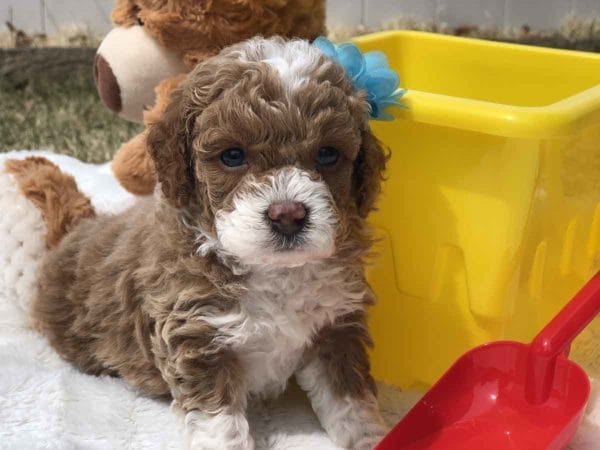 Micro Goldendoodle, Micro Golden doodle, Micro Goldendoodle puppies, Micro Golden doodle puppies, Micro doodle puppies, Teacup Goldendoodle, Goldendoodle, Mini Goldendoodle, Doodle Dogs, Toy Goldendoodle, Red Goldendoodle, Teddy Bear Teacup, Mini Doodle Dog, Teddy Bear Goldendoodle, Teddy Bear Doodle, Apricot Goldendoodle, Toy Golden Doodle, Mini Doodle Dogs, Golden Doodle, Teacup Goldendoodle, Teacup Goldendoodle Puppies, goldendoodle, mini goldendoodle, goldendoodle puppies, Teddy Bear Goldendoodle, goldendoodle puppies for sale, golden doodle, golden doodle puppies, golden doodles, Teddy Bear Doodle, Toy Goldendoodle, Red Goldendoodle, Toy Golden Doodle, Micro Goldendoodle AL, Micro Goldendoodle AK, Micro Goldendoodle AZ, Micro Goldendoodle AR, Micro Goldendoodle CA, Micro Goldendoodle CO, Micro Goldendoodle CT, Micro Goldendoodle DE, Micro Goldendoodle FL, Micro Goldendoodle GA, Micro Goldendoodle HI, Micro Goldendoodle ID, Micro Goldendoodle IL, Micro Goldendoodle IN, Micro Goldendoodle IA, Micro Goldendoodle KS, Micro Goldendoodle KY, Micro Goldendoodle LA, Micro Goldendoodle ME, Micro Goldendoodle MD, Micro Goldendoodle MA, Micro Goldendoodle MI, Micro Goldendoodle MN, Micro Goldendoodle MS, Micro Goldendoodle MO, Micro Goldendoodle MT, Micro Goldendoodle NE, Micro Goldendoodle NV, Micro Goldendoodle NH, Micro Goldendoodle NJ, Micro Goldendoodle NM, Micro Goldendoodle NY, Micro Goldendoodle NC, Micro Goldendoodle ND, Micro Goldendoodle OH, Micro Goldendoodle OK, Micro Goldendoodle OR, Micro Goldendoodle PA, Micro Goldendoodle RI, Micro Goldendoodle SC, Micro Goldendoodle SD, Micro Goldendoodle TN, Micro Goldendoodle TX, Micro Goldendoodle UT, Micro Goldendoodle VT, Micro Goldendoodle VA, Micro Goldendoodle WA, Micro Goldendoodle WV, Micro Goldendoodle WI, Micro Goldendoodle WY, TEACUP GOLDENDOODLE PUPPIES, Precious Doodle Dogs, Teacup Doodle Dogs, Goldendoodle, Doodle Dog, Golden Doodles, Goldendoodle for sale, Goldendoodle puppies for sale, Miniature goldendoodle, goldendoodle puppies, mini goldendoodle, mini puppies, mini goldendoodle size, Mini Doodle Dogs, f1 goldendoodle, golden retriever poodle, chocolate goldendoodle, small doodles, goldendoodle temperament, goldendoodle colors, goldendoodle price, white goldendoodle, f2 goldendoodle, mini goldendoodle price, mini goldendoodle full grown, f1 mini goldendoodle, f1b goldendoodle, parti goldendoodle, goldendoodles near me, english goldendoodle, australian goldendoodle, red goldendoodle, doodle breeds, brown goldendoodle, goldendoodle cost, adult mini goldendoodle, golden noodle dog, doodle dog breeds, miniature golden doodle, miniature puppies, golden retriever poodle mix, A Star is Born, A star is born goldendoodle, a star is born dog, Bradley Cooper's Dog, Bradley Cooper Dog, Bradley Cooper's Goldendoodle, arizona goldendoodles, goldendoodle training, goldendoodle size, how big do mini goldendoodles get, goldendoodle full grown, baby goldendoodle, goldendoodle houston, golden doodles for sale, adult goldendoodle, apricot goldendoodle, goldendoodle grooming, mini golden doodles, goldendoodle shedding, f2b goldendoodle, goldendoodle hypoallergenic, goldendoodle names, english cream goldendoodle, golden retriever and poodle mix, mini goldendoodle puppies, micro goldendoodle, mini goldendoodle puppies for sale, miniature goldendoodle for sale, goldendoodle puppies for adoption, teddy bear goldendoodle, mini goldendoodle rescue, medium goldendoodle, black goldendoodle, mini goldendoodle for sale near me, goldendoodle puppies for sale near me, mini doodle, doodle puppies, mini goldendoodle for sale, goldendoodle breeders near me, miniature goldendoodle for sale near me, toy goldendoodle, petite goldendoodle, golden doodle dog, miniature goldendoodle puppies, mini goldendoodle puppies for sale near me, goldendoodles for sale near me, mini goldedoodle breeders, goldendoodle adoption, f1b mini goldendoodle, small goldendoodle, teacup goldendoodle, goldendoodle puppies near me, goldendoodle breeders, how to groom a goldendoodle, great doodle puppies, golden doodle mix, goldendoodle tampa, goldendoodle facts, white doodle dog, white goldendoodle puppy, mini goldendoodle maryland, country mini doodles, goldendoodle los angeles, toy labradoodle puppies for sale, types of goldendoodles, mini golden retriever puppies, golden goldendoodle, mini golden retriever puppies for sale, miniature australian goldendoodle, goldendoodle sacramento, goldendoodle omaha, labradoodle goldendoodle, f1 medium goldendoodle, BEST goldendoodles, pictures of mini goldendoodles, teacup goldendoodle full grown, micro mini goldendoodle full grown, toy goldendoodle price, goldendoodle chicago, retriever doodle, teacup goldendoodle puppies for sale, cute goldendoodle, mini teddy bear puppies, miniature goldendoodle full grown, f2 mini goldendoodle, goldendoodle spokane, mini goldendoodle chicago, micro mini goldendoodle, how nbig do miniature goldendoodles get, brown mini goldendoodle, mini doodle breeds, poodle doodle dog, what is a mini goldendoodle, black mini goldendoodle, mini irish doodle puppies for sale, f1b goldendoodle size, toy golden doodles, chocolate brown goldendoodle puppies for sale, petite goldendoodle full grown, goldendoodle behavior, american goldendoodle, f1b medium goldendoodle, goldendoodle puppy cost, cute goldendoodle puppies, goldendoodle indianapolis, teddy goldendoodle, mini goldendoodle weight, teddy bear golden doodles, f1b goldendoodle puppies for sale, miniature goldendoodle size, chocolate goldendoodle puppy, english cream mini goldendoodle, doodle puppies near me, red miniature goldendoodle, cream goldendoodle, goldendoodle puppy cut, mini goldendoodle hypoallergenic, dog breed goldendoodle, goldendoodle poodle mixes, goldendoodle allergies, goldendoodle info, sandy ridge goldendoodles, lakeshore goldendoodles, toy goldendoodle puppies for sale, labradoodle and goldendoodle, goldendoodle las vegas, goldendoodle phoenix, doodle breeders near me, miniature goldendoodle weight, black and white goldendoodle, sarasota goldendoodles, mini goldendoodle dallas, a goldendoodle, what is a goldendoodle, goldendoodle dallas, mini golden doodles for sale, ginger doodle puppy, how much does a mini goldendoodle cost, goldendoodle san antonio, goldendoodle photos, goldendoodle cuts, chocolate mini goldendoodle, all about goldendoodles, goldendoodle cincinnati, black doodle dog, goldendoodle weight, miniature goldendoodle breeders, goldendoodle information, miniature goldendoodle puppies for sale, doodle puppies for sale near me, black labradoodle puppies for sale, goldendoodle seattle, golden doodles near me, teacup goldendoodle for sale, golden retriever poodle puppy, goldendoodle rochester ny, goldendoodle and poodle mix, akc goldendoodle, goldendoodle kansas city, mini goldendoodle facts, goldendoodle austin, goldendoodle doodle, goldendoodle tulsa, curly goldendoodle, brown goldendoodle puppies, f1b labradoodle puppies for sale, red mini goldendoodle, goldendoodle poodle, chocolate goldendoodle for sale, tiny goldendoodle, goldendoodle puppies breeders, english goldendoodle puppies for sale, mini golden labradoodle, f1b mini teddy bear goldendoodles, red goldendoodle puppies for sale, miniature golden retriever breeders, f1 goldendoodles for sale, teacup goldendoodle puppies, toy mini goldendoodle, xs petite goldendoodle, f2 goldendoodle puppies for sale, mini goldendoodle cost, black goldendoodle for sale, english teddy bear goldendoodle, small doodle dogs, goldendoodle nashville, english goldendoodle puppies, golden retriever poodle mix for sale, red goldendoodle puppy, parti goldendoodles for sale, english cream goldendoodles for sale, doodle puppies for sale, golden retriever poodle mix puppies, goldendoodle tucson, f1b mini goldendoodle puppies for sale, mini goldendoodle breeders northeast, teddy bear goldendoodle, toy goldendoodle rescue, petite mini goldendoodle, goldendoodle stuff, mini goldendoodles near me, teddy bear goldendoodle puppies, f1 goldendoodle puppies, teddy bear goldendoodles for sale, silver goldendoodle, buy goldendoodle, mini golden doodle dog, teddy bear goldendoodles mini, micro mini goldendoodle puppies for sale, goldendoodle dogs for sale, best goldendoodle breeders, chocolate goldendoodle puppies for sale, doodle dogs for sale, toy goldendoodle puppies, mini doodle dog, toy goldendoodle breeders, doodles for sale, goldendoodle hypoallergenic dog, mini goldendoodle breeders near me, english goldendoodle breeders, f1b mini goldendoodle for sale, teacup goldendoodle price, petite goldendoodle for sale, mini english goldendoodle, mini goldendoodle info, miniature goldendoodle puppies for sale near me, black goldendoodle puppies for sale, f1 goldendoodle puppies for sale, Teacup Goldendoodles AL, Teacup Goldendoodles AK, Teacup Goldendoodles AZ, Teacup Goldendoodles AR, Teacup Goldendoodles CA, Teacup Goldendoodles CO, Teacup Goldendoodles CT, Teacup Goldendoodles DE, Teacup Goldendoodles FL, Teacup Goldendoodles GA, Teacup Goldendoodles HI, Teacup Goldendoodles ID, Teacup Goldendoodles IL, Teacup Goldendoodles IN, Teacup Goldendoodles IA, Teacup Goldendoodles KS, Teacup Goldendoodles KY, Teacup Goldendoodles LA, Teacup Goldendoodles ME, Teacup Goldendoodles MD, Teacup Goldendoodles MA, Teacup Goldendoodles MI, Teacup Goldendoodles MN, Teacup Goldendoodles MS, Teacup Goldendoodles MO, Teacup Goldendoodles MT, Teacup Goldendoodles NE, Teacup Goldendoodles NV, Teacup Goldendoodles NH, Teacup Goldendoodles NJ, Teacup Goldendoodles NM, Teacup Goldendoodles NY, Teacup Goldendoodles NC, Teacup Goldendoodles ND, Teacup Goldendoodles OH, Teacup Goldendoodles OK, Teacup Goldendoodles OR, Teacup Goldendoodles PA, Teacup Goldendoodles RI, Teacup Goldendoodles SC, Teacup Goldendoodles SD, Teacup Goldendoodles TN, Teacup Goldendoodles TX, Teacup Goldendoodles UT, Teacup Goldendoodles VT, Teacup Goldendoodles VA, Teacup Goldendoodles WA, Teacup Goldendoodles WV, Teacup Goldendoodles WI, Teacup Goldendoodles WY, Teacup Golden Doodles AL, Teacup Golden Doodles AK, Teacup Golden Doodles AZ, Teacup Golden Doodles AR, Teacup Golden Doodles CA, Teacup Golden Doodles CO, Teacup Golden Doodles CT, Teacup Golden Doodles DE, Teacup Golden Doodles FL, Teacup Golden Doodles GA, Teacup Golden Doodles HI, Teacup Golden Doodles ID, Teacup Golden Doodles IL, Teacup Golden Doodles IN, Teacup Golden Doodles IA, Teacup Golden Doodles KS, Teacup Golden Doodles KY, Teacup Golden Doodles LA, Teacup Golden Doodles ME, Teacup Golden Doodles MD, Teacup Golden Doodles MA, Teacup Golden Doodles MI, Teacup Golden Doodles MN, Teacup Golden Doodles MS, Teacup Golden Doodles MO, Teacup Golden Doodles MT, Teacup Golden Doodles NE, Teacup Golden Doodles NV, Teacup Golden Doodles NH, Teacup Golden Doodles NJ, Teacup Golden Doodles NM, Teacup Golden Doodles NY, Teacup Golden Doodles NC, Teacup Golden Doodles ND, Teacup Golden Doodles OH, Teacup Golden Doodles OK, Teacup Golden Doodles OR, Teacup Golden Doodles PA, Teacup Golden Doodles RI, Teacup Golden Doodles SC, Teacup Golden Doodles SD, Teacup Golden Doodles TN, Teacup Golden Doodles TX, Teacup Golden Doodles UT, Teacup Golden Doodles VT, Teacup Golden Doodles VA, Teacup Golden Doodles WA, Teacup Golden Doodles WV, Teacup Golden Doodles WI, Teacup Golden Doodles WY,