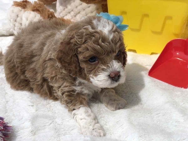 Micro Goldendoodle, Micro Golden doodle, Micro Goldendoodle puppies, Micro Golden doodle puppies, Micro doodle puppies, Teacup Goldendoodle, Goldendoodle, Mini Goldendoodle, Doodle Dogs, Toy Goldendoodle, Red Goldendoodle, Teddy Bear Teacup, Mini Doodle Dog, Teddy Bear Goldendoodle, Teddy Bear Doodle, Apricot Goldendoodle, Toy Golden Doodle, Mini Doodle Dogs, Golden Doodle, Teacup Goldendoodle, Teacup Goldendoodle Puppies, goldendoodle, mini goldendoodle, goldendoodle puppies, Teddy Bear Goldendoodle, goldendoodle puppies for sale, golden doodle, golden doodle puppies, golden doodles, Teddy Bear Doodle, Toy Goldendoodle, Red Goldendoodle, Toy Golden Doodle, Micro Goldendoodle AL, Micro Goldendoodle AK, Micro Goldendoodle AZ, Micro Goldendoodle AR, Micro Goldendoodle CA, Micro Goldendoodle CO, Micro Goldendoodle CT, Micro Goldendoodle DE, Micro Goldendoodle FL, Micro Goldendoodle GA, Micro Goldendoodle HI, Micro Goldendoodle ID, Micro Goldendoodle IL, Micro Goldendoodle IN, Micro Goldendoodle IA, Micro Goldendoodle KS, Micro Goldendoodle KY, Micro Goldendoodle LA, Micro Goldendoodle ME, Micro Goldendoodle MD, Micro Goldendoodle MA, Micro Goldendoodle MI, Micro Goldendoodle MN, Micro Goldendoodle MS, Micro Goldendoodle MO, Micro Goldendoodle MT, Micro Goldendoodle NE, Micro Goldendoodle NV, Micro Goldendoodle NH, Micro Goldendoodle NJ, Micro Goldendoodle NM, Micro Goldendoodle NY, Micro Goldendoodle NC, Micro Goldendoodle ND, Micro Goldendoodle OH, Micro Goldendoodle OK, Micro Goldendoodle OR, Micro Goldendoodle PA, Micro Goldendoodle RI, Micro Goldendoodle SC, Micro Goldendoodle SD, Micro Goldendoodle TN, Micro Goldendoodle TX, Micro Goldendoodle UT, Micro Goldendoodle VT, Micro Goldendoodle VA, Micro Goldendoodle WA, Micro Goldendoodle WV, Micro Goldendoodle WI, Micro Goldendoodle WY, TEACUP GOLDENDOODLE PUPPIES, Precious Doodle Dogs, Teacup Doodle Dogs, Goldendoodle, Doodle Dog, Golden Doodles, Goldendoodle for sale, Goldendoodle puppies for sale, Miniature goldendoodle, goldendoodle puppies, mini goldendoodle, mini puppies, mini goldendoodle size, Mini Doodle Dogs, f1 goldendoodle, golden retriever poodle, chocolate goldendoodle, small doodles, goldendoodle temperament, goldendoodle colors, goldendoodle price, white goldendoodle, f2 goldendoodle, mini goldendoodle price, mini goldendoodle full grown, f1 mini goldendoodle, f1b goldendoodle, parti goldendoodle, goldendoodles near me, english goldendoodle, australian goldendoodle, red goldendoodle, doodle breeds, brown goldendoodle, goldendoodle cost, adult mini goldendoodle, golden noodle dog, doodle dog breeds, miniature golden doodle, miniature puppies, golden retriever poodle mix, A Star is Born, A star is born goldendoodle, a star is born dog, Bradley Cooper's Dog, Bradley Cooper Dog, Bradley Cooper's Goldendoodle, arizona goldendoodles, goldendoodle training, goldendoodle size, how big do mini goldendoodles get, goldendoodle full grown, baby goldendoodle, goldendoodle houston, golden doodles for sale, adult goldendoodle, apricot goldendoodle, goldendoodle grooming, mini golden doodles, goldendoodle shedding, f2b goldendoodle, goldendoodle hypoallergenic, goldendoodle names, english cream goldendoodle, golden retriever and poodle mix, mini goldendoodle puppies, micro goldendoodle, mini goldendoodle puppies for sale, miniature goldendoodle for sale, goldendoodle puppies for adoption, teddy bear goldendoodle, mini goldendoodle rescue, medium goldendoodle, black goldendoodle, mini goldendoodle for sale near me, goldendoodle puppies for sale near me, mini doodle, doodle puppies, mini goldendoodle for sale, goldendoodle breeders near me, miniature goldendoodle for sale near me, toy goldendoodle, petite goldendoodle, golden doodle dog, miniature goldendoodle puppies, mini goldendoodle puppies for sale near me, goldendoodles for sale near me, mini goldedoodle breeders, goldendoodle adoption, f1b mini goldendoodle, small goldendoodle, teacup goldendoodle, goldendoodle puppies near me, goldendoodle breeders, how to groom a goldendoodle, great doodle puppies, golden doodle mix, goldendoodle tampa, goldendoodle facts, white doodle dog, white goldendoodle puppy, mini goldendoodle maryland, country mini doodles, goldendoodle los angeles, toy labradoodle puppies for sale, types of goldendoodles, mini golden retriever puppies, golden goldendoodle, mini golden retriever puppies for sale, miniature australian goldendoodle, goldendoodle sacramento, goldendoodle omaha, labradoodle goldendoodle, f1 medium goldendoodle, BEST goldendoodles, pictures of mini goldendoodles, teacup goldendoodle full grown, micro mini goldendoodle full grown, toy goldendoodle price, goldendoodle chicago, retriever doodle, teacup goldendoodle puppies for sale, cute goldendoodle, mini teddy bear puppies, miniature goldendoodle full grown, f2 mini goldendoodle, goldendoodle spokane, mini goldendoodle chicago, micro mini goldendoodle, how nbig do miniature goldendoodles get, brown mini goldendoodle, mini doodle breeds, poodle doodle dog, what is a mini goldendoodle, black mini goldendoodle, mini irish doodle puppies for sale, f1b goldendoodle size, toy golden doodles, chocolate brown goldendoodle puppies for sale, petite goldendoodle full grown, goldendoodle behavior, american goldendoodle, f1b medium goldendoodle, goldendoodle puppy cost, cute goldendoodle puppies, goldendoodle indianapolis, teddy goldendoodle, mini goldendoodle weight, teddy bear golden doodles, f1b goldendoodle puppies for sale, miniature goldendoodle size, chocolate goldendoodle puppy, english cream mini goldendoodle, doodle puppies near me, red miniature goldendoodle, cream goldendoodle, goldendoodle puppy cut, mini goldendoodle hypoallergenic, dog breed goldendoodle, goldendoodle poodle mixes, goldendoodle allergies, goldendoodle info, sandy ridge goldendoodles, lakeshore goldendoodles, toy goldendoodle puppies for sale, labradoodle and goldendoodle, goldendoodle las vegas, goldendoodle phoenix, doodle breeders near me, miniature goldendoodle weight, black and white goldendoodle, sarasota goldendoodles, mini goldendoodle dallas, a goldendoodle, what is a goldendoodle, goldendoodle dallas, mini golden doodles for sale, ginger doodle puppy, how much does a mini goldendoodle cost, goldendoodle san antonio, goldendoodle photos, goldendoodle cuts, chocolate mini goldendoodle, all about goldendoodles, goldendoodle cincinnati, black doodle dog, goldendoodle weight, miniature goldendoodle breeders, goldendoodle information, miniature goldendoodle puppies for sale, doodle puppies for sale near me, black labradoodle puppies for sale, goldendoodle seattle, golden doodles near me, teacup goldendoodle for sale, golden retriever poodle puppy, goldendoodle rochester ny, goldendoodle and poodle mix, akc goldendoodle, goldendoodle kansas city, mini goldendoodle facts, goldendoodle austin, goldendoodle doodle, goldendoodle tulsa, curly goldendoodle, brown goldendoodle puppies, f1b labradoodle puppies for sale, red mini goldendoodle, goldendoodle poodle, chocolate goldendoodle for sale, tiny goldendoodle, goldendoodle puppies breeders, english goldendoodle puppies for sale, mini golden labradoodle, f1b mini teddy bear goldendoodles, red goldendoodle puppies for sale, miniature golden retriever breeders, f1 goldendoodles for sale, teacup goldendoodle puppies, toy mini goldendoodle, xs petite goldendoodle, f2 goldendoodle puppies for sale, mini goldendoodle cost, black goldendoodle for sale, english teddy bear goldendoodle, small doodle dogs, goldendoodle nashville, english goldendoodle puppies, golden retriever poodle mix for sale, red goldendoodle puppy, parti goldendoodles for sale, english cream goldendoodles for sale, doodle puppies for sale, golden retriever poodle mix puppies, goldendoodle tucson, f1b mini goldendoodle puppies for sale, mini goldendoodle breeders northeast, teddy bear goldendoodle, toy goldendoodle rescue, petite mini goldendoodle, goldendoodle stuff, mini goldendoodles near me, teddy bear goldendoodle puppies, f1 goldendoodle puppies, teddy bear goldendoodles for sale, silver goldendoodle, buy goldendoodle, mini golden doodle dog, teddy bear goldendoodles mini, micro mini goldendoodle puppies for sale, goldendoodle dogs for sale, best goldendoodle breeders, chocolate goldendoodle puppies for sale, doodle dogs for sale, toy goldendoodle puppies, mini doodle dog, toy goldendoodle breeders, doodles for sale, goldendoodle hypoallergenic dog, mini goldendoodle breeders near me, english goldendoodle breeders, f1b mini goldendoodle for sale, teacup goldendoodle price, petite goldendoodle for sale, mini english goldendoodle, mini goldendoodle info, miniature goldendoodle puppies for sale near me, black goldendoodle puppies for sale, f1 goldendoodle puppies for sale, Teacup Goldendoodles AL, Teacup Goldendoodles AK, Teacup Goldendoodles AZ, Teacup Goldendoodles AR, Teacup Goldendoodles CA, Teacup Goldendoodles CO, Teacup Goldendoodles CT, Teacup Goldendoodles DE, Teacup Goldendoodles FL, Teacup Goldendoodles GA, Teacup Goldendoodles HI, Teacup Goldendoodles ID, Teacup Goldendoodles IL, Teacup Goldendoodles IN, Teacup Goldendoodles IA, Teacup Goldendoodles KS, Teacup Goldendoodles KY, Teacup Goldendoodles LA, Teacup Goldendoodles ME, Teacup Goldendoodles MD, Teacup Goldendoodles MA, Teacup Goldendoodles MI, Teacup Goldendoodles MN, Teacup Goldendoodles MS, Teacup Goldendoodles MO, Teacup Goldendoodles MT, Teacup Goldendoodles NE, Teacup Goldendoodles NV, Teacup Goldendoodles NH, Teacup Goldendoodles NJ, Teacup Goldendoodles NM, Teacup Goldendoodles NY, Teacup Goldendoodles NC, Teacup Goldendoodles ND, Teacup Goldendoodles OH, Teacup Goldendoodles OK, Teacup Goldendoodles OR, Teacup Goldendoodles PA, Teacup Goldendoodles RI, Teacup Goldendoodles SC, Teacup Goldendoodles SD, Teacup Goldendoodles TN, Teacup Goldendoodles TX, Teacup Goldendoodles UT, Teacup Goldendoodles VT, Teacup Goldendoodles VA, Teacup Goldendoodles WA, Teacup Goldendoodles WV, Teacup Goldendoodles WI, Teacup Goldendoodles WY, Teacup Golden Doodles AL, Teacup Golden Doodles AK, Teacup Golden Doodles AZ, Teacup Golden Doodles AR, Teacup Golden Doodles CA, Teacup Golden Doodles CO, Teacup Golden Doodles CT, Teacup Golden Doodles DE, Teacup Golden Doodles FL, Teacup Golden Doodles GA, Teacup Golden Doodles HI, Teacup Golden Doodles ID, Teacup Golden Doodles IL, Teacup Golden Doodles IN, Teacup Golden Doodles IA, Teacup Golden Doodles KS, Teacup Golden Doodles KY, Teacup Golden Doodles LA, Teacup Golden Doodles ME, Teacup Golden Doodles MD, Teacup Golden Doodles MA, Teacup Golden Doodles MI, Teacup Golden Doodles MN, Teacup Golden Doodles MS, Teacup Golden Doodles MO, Teacup Golden Doodles MT, Teacup Golden Doodles NE, Teacup Golden Doodles NV, Teacup Golden Doodles NH, Teacup Golden Doodles NJ, Teacup Golden Doodles NM, Teacup Golden Doodles NY, Teacup Golden Doodles NC, Teacup Golden Doodles ND, Teacup Golden Doodles OH, Teacup Golden Doodles OK, Teacup Golden Doodles OR, Teacup Golden Doodles PA, Teacup Golden Doodles RI, Teacup Golden Doodles SC, Teacup Golden Doodles SD, Teacup Golden Doodles TN, Teacup Golden Doodles TX, Teacup Golden Doodles UT, Teacup Golden Doodles VT, Teacup Golden Doodles VA, Teacup Golden Doodles WA, Teacup Golden Doodles WV, Teacup Golden Doodles WI, Teacup Golden Doodles WY,