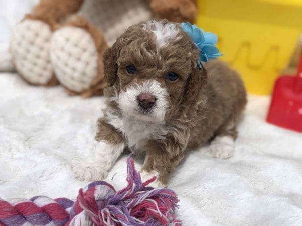 Micro Goldendoodle, Micro Golden doodle, Micro Goldendoodle puppies, Micro Golden doodle puppies, Micro doodle puppies, Teacup Goldendoodle, Goldendoodle, Mini Goldendoodle, Doodle Dogs, Toy Goldendoodle, Red Goldendoodle, Teddy Bear Teacup, Mini Doodle Dog, Teddy Bear Goldendoodle, Teddy Bear Doodle, Apricot Goldendoodle, Toy Golden Doodle, Mini Doodle Dogs, Golden Doodle, Teacup Goldendoodle, Teacup Goldendoodle Puppies, goldendoodle, mini goldendoodle, goldendoodle puppies, Teddy Bear Goldendoodle, goldendoodle puppies for sale, golden doodle, golden doodle puppies, golden doodles, Teddy Bear Doodle, Toy Goldendoodle, Red Goldendoodle, Toy Golden Doodle, Micro Goldendoodle AL, Micro Goldendoodle AK, Micro Goldendoodle AZ, Micro Goldendoodle AR, Micro Goldendoodle CA, Micro Goldendoodle CO, Micro Goldendoodle CT, Micro Goldendoodle DE, Micro Goldendoodle FL, Micro Goldendoodle GA, Micro Goldendoodle HI, Micro Goldendoodle ID, Micro Goldendoodle IL, Micro Goldendoodle IN, Micro Goldendoodle IA, Micro Goldendoodle KS, Micro Goldendoodle KY, Micro Goldendoodle LA, Micro Goldendoodle ME, Micro Goldendoodle MD, Micro Goldendoodle MA, Micro Goldendoodle MI, Micro Goldendoodle MN, Micro Goldendoodle MS, Micro Goldendoodle MO, Micro Goldendoodle MT, Micro Goldendoodle NE, Micro Goldendoodle NV, Micro Goldendoodle NH, Micro Goldendoodle NJ, Micro Goldendoodle NM, Micro Goldendoodle NY, Micro Goldendoodle NC, Micro Goldendoodle ND, Micro Goldendoodle OH, Micro Goldendoodle OK, Micro Goldendoodle OR, Micro Goldendoodle PA, Micro Goldendoodle RI, Micro Goldendoodle SC, Micro Goldendoodle SD, Micro Goldendoodle TN, Micro Goldendoodle TX, Micro Goldendoodle UT, Micro Goldendoodle VT, Micro Goldendoodle VA, Micro Goldendoodle WA, Micro Goldendoodle WV, Micro Goldendoodle WI, Micro Goldendoodle WY, TEACUP GOLDENDOODLE PUPPIES, Precious Doodle Dogs, Teacup Doodle Dogs, Goldendoodle, Doodle Dog, Golden Doodles, Goldendoodle for sale, Goldendoodle puppies for sale, Miniature goldendoodle, goldendoodle puppies, mini goldendoodle, mini puppies, mini goldendoodle size, Mini Doodle Dogs, f1 goldendoodle, golden retriever poodle, chocolate goldendoodle, small doodles, goldendoodle temperament, goldendoodle colors, goldendoodle price, white goldendoodle, f2 goldendoodle, mini goldendoodle price, mini goldendoodle full grown, f1 mini goldendoodle, f1b goldendoodle, parti goldendoodle, goldendoodles near me, english goldendoodle, australian goldendoodle, red goldendoodle, doodle breeds, brown goldendoodle, goldendoodle cost, adult mini goldendoodle, golden noodle dog, doodle dog breeds, miniature golden doodle, miniature puppies, golden retriever poodle mix, A Star is Born, A star is born goldendoodle, a star is born dog, Bradley Cooper's Dog, Bradley Cooper Dog, Bradley Cooper's Goldendoodle, arizona goldendoodles, goldendoodle training, goldendoodle size, how big do mini goldendoodles get, goldendoodle full grown, baby goldendoodle, goldendoodle houston, golden doodles for sale, adult goldendoodle, apricot goldendoodle, goldendoodle grooming, mini golden doodles, goldendoodle shedding, f2b goldendoodle, goldendoodle hypoallergenic, goldendoodle names, english cream goldendoodle, golden retriever and poodle mix, mini goldendoodle puppies, micro goldendoodle, mini goldendoodle puppies for sale, miniature goldendoodle for sale, goldendoodle puppies for adoption, teddy bear goldendoodle, mini goldendoodle rescue, medium goldendoodle, black goldendoodle, mini goldendoodle for sale near me, goldendoodle puppies for sale near me, mini doodle, doodle puppies, mini goldendoodle for sale, goldendoodle breeders near me, miniature goldendoodle for sale near me, toy goldendoodle, petite goldendoodle, golden doodle dog, miniature goldendoodle puppies, mini goldendoodle puppies for sale near me, goldendoodles for sale near me, mini goldedoodle breeders, goldendoodle adoption, f1b mini goldendoodle, small goldendoodle, teacup goldendoodle, goldendoodle puppies near me, goldendoodle breeders, how to groom a goldendoodle, great doodle puppies, golden doodle mix, goldendoodle tampa, goldendoodle facts, white doodle dog, white goldendoodle puppy, mini goldendoodle maryland, country mini doodles, goldendoodle los angeles, toy labradoodle puppies for sale, types of goldendoodles, mini golden retriever puppies, golden goldendoodle, mini golden retriever puppies for sale, miniature australian goldendoodle, goldendoodle sacramento, goldendoodle omaha, labradoodle goldendoodle, f1 medium goldendoodle, BEST goldendoodles, pictures of mini goldendoodles, teacup goldendoodle full grown, micro mini goldendoodle full grown, toy goldendoodle price, goldendoodle chicago, retriever doodle, teacup goldendoodle puppies for sale, cute goldendoodle, mini teddy bear puppies, miniature goldendoodle full grown, f2 mini goldendoodle, goldendoodle spokane, mini goldendoodle chicago, micro mini goldendoodle, how nbig do miniature goldendoodles get, brown mini goldendoodle, mini doodle breeds, poodle doodle dog, what is a mini goldendoodle, black mini goldendoodle, mini irish doodle puppies for sale, f1b goldendoodle size, toy golden doodles, chocolate brown goldendoodle puppies for sale, petite goldendoodle full grown, goldendoodle behavior, american goldendoodle, f1b medium goldendoodle, goldendoodle puppy cost, cute goldendoodle puppies, goldendoodle indianapolis, teddy goldendoodle, mini goldendoodle weight, teddy bear golden doodles, f1b goldendoodle puppies for sale, miniature goldendoodle size, chocolate goldendoodle puppy, english cream mini goldendoodle, doodle puppies near me, red miniature goldendoodle, cream goldendoodle, goldendoodle puppy cut, mini goldendoodle hypoallergenic, dog breed goldendoodle, goldendoodle poodle mixes, goldendoodle allergies, goldendoodle info, sandy ridge goldendoodles, lakeshore goldendoodles, toy goldendoodle puppies for sale, labradoodle and goldendoodle, goldendoodle las vegas, goldendoodle phoenix, doodle breeders near me, miniature goldendoodle weight, black and white goldendoodle, sarasota goldendoodles, mini goldendoodle dallas, a goldendoodle, what is a goldendoodle, goldendoodle dallas, mini golden doodles for sale, ginger doodle puppy, how much does a mini goldendoodle cost, goldendoodle san antonio, goldendoodle photos, goldendoodle cuts, chocolate mini goldendoodle, all about goldendoodles, goldendoodle cincinnati, black doodle dog, goldendoodle weight, miniature goldendoodle breeders, goldendoodle information, miniature goldendoodle puppies for sale, doodle puppies for sale near me, black labradoodle puppies for sale, goldendoodle seattle, golden doodles near me, teacup goldendoodle for sale, golden retriever poodle puppy, goldendoodle rochester ny, goldendoodle and poodle mix, akc goldendoodle, goldendoodle kansas city, mini goldendoodle facts, goldendoodle austin, goldendoodle doodle, goldendoodle tulsa, curly goldendoodle, brown goldendoodle puppies, f1b labradoodle puppies for sale, red mini goldendoodle, goldendoodle poodle, chocolate goldendoodle for sale, tiny goldendoodle, goldendoodle puppies breeders, english goldendoodle puppies for sale, mini golden labradoodle, f1b mini teddy bear goldendoodles, red goldendoodle puppies for sale, miniature golden retriever breeders, f1 goldendoodles for sale, teacup goldendoodle puppies, toy mini goldendoodle, xs petite goldendoodle, f2 goldendoodle puppies for sale, mini goldendoodle cost, black goldendoodle for sale, english teddy bear goldendoodle, small doodle dogs, goldendoodle nashville, english goldendoodle puppies, golden retriever poodle mix for sale, red goldendoodle puppy, parti goldendoodles for sale, english cream goldendoodles for sale, doodle puppies for sale, golden retriever poodle mix puppies, goldendoodle tucson, f1b mini goldendoodle puppies for sale, mini goldendoodle breeders northeast, teddy bear goldendoodle, toy goldendoodle rescue, petite mini goldendoodle, goldendoodle stuff, mini goldendoodles near me, teddy bear goldendoodle puppies, f1 goldendoodle puppies, teddy bear goldendoodles for sale, silver goldendoodle, buy goldendoodle, mini golden doodle dog, teddy bear goldendoodles mini, micro mini goldendoodle puppies for sale, goldendoodle dogs for sale, best goldendoodle breeders, chocolate goldendoodle puppies for sale, doodle dogs for sale, toy goldendoodle puppies, mini doodle dog, toy goldendoodle breeders, doodles for sale, goldendoodle hypoallergenic dog, mini goldendoodle breeders near me, english goldendoodle breeders, f1b mini goldendoodle for sale, teacup goldendoodle price, petite goldendoodle for sale, mini english goldendoodle, mini goldendoodle info, miniature goldendoodle puppies for sale near me, black goldendoodle puppies for sale, f1 goldendoodle puppies for sale, Teacup Goldendoodles AL, Teacup Goldendoodles AK, Teacup Goldendoodles AZ, Teacup Goldendoodles AR, Teacup Goldendoodles CA, Teacup Goldendoodles CO, Teacup Goldendoodles CT, Teacup Goldendoodles DE, Teacup Goldendoodles FL, Teacup Goldendoodles GA, Teacup Goldendoodles HI, Teacup Goldendoodles ID, Teacup Goldendoodles IL, Teacup Goldendoodles IN, Teacup Goldendoodles IA, Teacup Goldendoodles KS, Teacup Goldendoodles KY, Teacup Goldendoodles LA, Teacup Goldendoodles ME, Teacup Goldendoodles MD, Teacup Goldendoodles MA, Teacup Goldendoodles MI, Teacup Goldendoodles MN, Teacup Goldendoodles MS, Teacup Goldendoodles MO, Teacup Goldendoodles MT, Teacup Goldendoodles NE, Teacup Goldendoodles NV, Teacup Goldendoodles NH, Teacup Goldendoodles NJ, Teacup Goldendoodles NM, Teacup Goldendoodles NY, Teacup Goldendoodles NC, Teacup Goldendoodles ND, Teacup Goldendoodles OH, Teacup Goldendoodles OK, Teacup Goldendoodles OR, Teacup Goldendoodles PA, Teacup Goldendoodles RI, Teacup Goldendoodles SC, Teacup Goldendoodles SD, Teacup Goldendoodles TN, Teacup Goldendoodles TX, Teacup Goldendoodles UT, Teacup Goldendoodles VT, Teacup Goldendoodles VA, Teacup Goldendoodles WA, Teacup Goldendoodles WV, Teacup Goldendoodles WI, Teacup Goldendoodles WY, Teacup Golden Doodles AL, Teacup Golden Doodles AK, Teacup Golden Doodles AZ, Teacup Golden Doodles AR, Teacup Golden Doodles CA, Teacup Golden Doodles CO, Teacup Golden Doodles CT, Teacup Golden Doodles DE, Teacup Golden Doodles FL, Teacup Golden Doodles GA, Teacup Golden Doodles HI, Teacup Golden Doodles ID, Teacup Golden Doodles IL, Teacup Golden Doodles IN, Teacup Golden Doodles IA, Teacup Golden Doodles KS, Teacup Golden Doodles KY, Teacup Golden Doodles LA, Teacup Golden Doodles ME, Teacup Golden Doodles MD, Teacup Golden Doodles MA, Teacup Golden Doodles MI, Teacup Golden Doodles MN, Teacup Golden Doodles MS, Teacup Golden Doodles MO, Teacup Golden Doodles MT, Teacup Golden Doodles NE, Teacup Golden Doodles NV, Teacup Golden Doodles NH, Teacup Golden Doodles NJ, Teacup Golden Doodles NM, Teacup Golden Doodles NY, Teacup Golden Doodles NC, Teacup Golden Doodles ND, Teacup Golden Doodles OH, Teacup Golden Doodles OK, Teacup Golden Doodles OR, Teacup Golden Doodles PA, Teacup Golden Doodles RI, Teacup Golden Doodles SC, Teacup Golden Doodles SD, Teacup Golden Doodles TN, Teacup Golden Doodles TX, Teacup Golden Doodles UT, Teacup Golden Doodles VT, Teacup Golden Doodles VA, Teacup Golden Doodles WA, Teacup Golden Doodles WV, Teacup Golden Doodles WI, Teacup Golden Doodles WY,