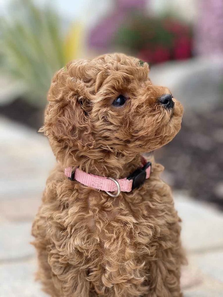 Precious Doodle Dogs, Labradoodle, doodle dog, labradoodle puppies for sale, labra, labradoodle for sale, Mini Doodle Dogs, miniature labradoodle, mini labradoodle, labradoodle puppy, how much is a labradoodle, labradoodle hypoallergenic, miniature labrador, mini labradoodle puppies for sale, labradoodle price, labradoodle shedding, labradoodle near me, miniature puppies for sale, white labradoodle, adult labradoodle, miniature labradoodle for sale, pictures of labradoodles, mini labradoodle puppies, miniature labradoodle puppies, red labradoodle, labradoodle breeders, labradoodle breeders near me, toy labradoodle, f1 labradoodle, small labradoodle, labradoodle for sale near me, golden labradoodle, miniature australian labradoodle, mini australian labradoodle, black labradoodle, labradoodle adoption, labradoodle dog, chocolate labradoodle puppies for sale, f1b labradoodle, labradoodle size, doodle puppies, mini doodle, how big do labradoodles get, brown labradoodle, chocolate labradoodle, mini labradoodle for sale, labradoodle puppies for sale near me, labradoodle cost, labradoodle temperament, labradoodle grooming, black and white labradoodle, mini australian labradoodle temperament, doodles for sale, mini doodle dog, australian labradoodle, full size labradoodle, shaved labradoodle, apricot labradoodle puppy, labradoodle austin, labradoodles austin texas, grown labradoodle, mini doodle breeds, labradoodle puppy cost, american labradoodle, labradoodle price range, f1b miniature labradoodle, labradoodles of long island, mini labradoodle near me, chocolate doodle puppies, labradoodle poodle, great doodle puppies, how big do mini labradoodles get, labradoodle names, are labradoodles smart, eden valley labradoodles, english manor labradoodles, red mini labradoodle, multigen labradoodle, labradoodle weight, labradoodle images, labradoodle cuts, miniture lab, labradoodle pics, labradoodle photos, mini golden labradoodle, miniature chocoalte lab, labradoodle personality, labradoodle facts, baby labradoodle, how much do labradoodles cost, caramel labradoodle, english labradoodle, labradoodles for sale, phantom labradoodle, labradoodle doodle, blue labradoodle, labradoodle colors, labradoodle hunting, labradoodle dog breeds, labradoodle allergies, pictures of labradoodle puppies, miniature lab for sale, lab and poodle mix, mini australian labradoodle cost, multigenerational labradoodle, lab poodle, mini doodles for sale, cute labradoodle, brown and white labradoodle, tiny goldendoodle, mini labradoodle price, f1 labradoodle puppy, brown labradoodle puppy, doodle dogs for sale, f1b mini labradoodle, medium labradoodle size, petite labradoodle, golden labradoodle puppy, black labradoodle puppies, best labradoodle breeders, mini labradoodle adoption, chocolate doodle, mini australian labradoodle, micro mini labradoodle, teacup labradoodle puppies for sale, mini labradoodle full grown, mini labradoodle size, mini australian labradoodle puppies for sale, parti labradoodle, mini chocolate labradoodle, f1 labradoodle puppies for sale, poodle labrador, mini australian doodle, labradoodle puppies for adoption, miniature labradoodle full grown, black miniature labradoodle , red labradoodle puppies, miniature chocolate labradoodle, mini labradoodles for sale near me, black labradoodle puppies for sale, micro labradoodle, chocolate australian labradoodle, apricot labradoodle, labradoodle mix, labradoodle info, australian labradoodle hypoallergenic, lab poodle mix puppy, adult mini labradoodle, family labradoodles, miniature labradoodle size, labradoodle puppies near me, cream labradoodle, chocolate labradoodle puppies, doodle puppies for sale, miniaure labradoodle for sale near me, teacup labradoodle, chocolate labradoodle for sale, chocolate mini labradoodle puppies for sale, miniature labradoodle breeders, silver labradoodle, black australian labradoodle, groodle puppies, mini labradoodle breeders, white labradoodle puppy, where to buy a labradoodle, black mini labradoodle, chocolate labradoodle puppies for sale near me, miniature labradoodle puppies for sale, labradoodle puppies price, labre doodle's, miniature labradoodle puppies, buy labradoodle, mini doodle puppies, mini labradoodle puppies for sale near me, mini labradoodle temperament, micro labradoodle puppies for sale, labradoodle information, golden labradoodle for sale, f1b labradoodle puppies for sale, toy labradoodle puppies for sale, how long do mini labradoodles live, chocolate and white labradoodle, labradoodle stud, labradoodle mini pup, what is a mini labradoodle, mini labradoodle images, mini poodle lab mix, what is a miniature labradoodle, labradoodle more lab than poodle, cute labradoodle puppies, miniature labradoodle puppies for sale, mini labrador breed, miniature labradoodle characteristics, images of miniature labradoodles, Mini Labradoodle Alabama, Mini Labradoodle Alaska, Mini Labradoodle Arizona, Mini Labradoodle Arkansas, Mini Labradoodle California, Mini Labradoodle Colorado, Mini Labradoodle Connecticut, Mini Labradoodle Delaware, Mini Labradoodle Florida, Mini Labradoodle Georgia, Mini Labradoodle Hawaii, Mini Labradoodle Idaho, Mini Labradoodle Illinois, Mini Labradoodle Indiana, Mini Labradoodle Iowa, Mini Labradoodle Kansas, Mini Labradoodle Kentucky, Mini Labradoodle Louisiana, Mini Labradoodle Maine, Mini Labradoodle Maryland, Mini Labradoodle Massachusetts, Mini Labradoodle Michigan, Mini Labradoodle Minnesota, Mini Labradoodle Mississippi, Mini Labradoodle Missouri, Mini Labradoodle Montana, Mini Labradoodle Nebraska, Mini Labradoodle Nevada, Mini Labradoodle New Hampshire, Mini Labradoodle New Jersey, Mini Labradoodle New Mexico, Mini Labradoodle New York, Mini Labradoodle North Carolina, Mini Labradoodle North Dakota, Mini Labradoodle Ohio, Mini Labradoodle Oklahoma, Mini Labradoodle Oregon, Mini Labradoodle Pennsylvania, Mini Labradoodle Rhode Island, Mini Labradoodle South Carolina, Mini Labradoodle South Dakota, Mini Labradoodle Tennessee, Mini Labradoodle Texas, Mini Labradoodle Utah, Mini Labradoodle Vermont, Mini Labradoodle Virginia, Mini Labradoodle Washington, Mini Labradoodle West Virginia, Mini Labradoodle Wisconsin, Mini Labradoodle Wyoming, Miniature Labradoodle Alabama, Miniature Labradoodle Alaska, Miniature Labradoodle Arizona, Miniature Labradoodle Arkansas, Miniature Labradoodle California, Miniature Labradoodle Colorado, Miniature Labradoodle Connecticut, Miniature Labradoodle Delaware, Miniature Labradoodle Florida, Miniature Labradoodle Georgia, Miniature Labradoodle Hawaii, Miniature Labradoodle Idaho, Miniature Labradoodle Illinois, Miniature Labradoodle Indiana, Miniature Labradoodle Iowa, Miniature Labradoodle Kansas, Miniature Labradoodle Kentucky, Miniature Labradoodle Louisiana, Miniature Labradoodle Maine, Miniature Labradoodle Maryland, Miniature Labradoodle Massachusetts, Miniature Labradoodle Michigan, Miniature Labradoodle Minnesota, Miniature Labradoodle Mississippi, Miniature Labradoodle Missouri, Miniature Labradoodle Montana, Miniature Labradoodle Nebraska, Miniature Labradoodle Nevada, Miniature Labradoodle New Hampshire, Miniature Labradoodle New Jersey, Miniature Labradoodle New Mexico, Miniature Labradoodle New York, Miniature Labradoodle North Carolina, Miniature Labradoodle North Dakota, Miniature Labradoodle Ohio, Miniature Labradoodle Oklahoma, Miniature Labradoodle Oregon, Miniature Labradoodle Pennsylvania, Miniature Labradoodle Rhode Island, Miniature Labradoodle South Carolina, Miniature Labradoodle South Dakota, Miniature Labradoodle Tennessee, Miniature Labradoodle Texas, Miniature Labradoodle Utah, Miniature Labradoodle Vermont, Miniature Labradoodle Virginia, Miniature Labradoodle Washington, Miniature Labradoodle West Virginia, Miniature Labradoodle Wisconsin, Miniature Labradoodle Wyoming, Mini Labradoodle puppies for sale Alabama, Mini Labradoodle puppies for sale Alaska, Mini Labradoodle puppies for sale Arizona, Mini Labradoodle puppies for sale Arkansas, Mini Labradoodle puppies for sale California, Mini Labradoodle puppies for sale Colorado, Mini Labradoodle puppies for sale Connecticut, Mini Labradoodle puppies for sale Delaware, Mini Labradoodle puppies for sale Florida, Mini Labradoodle puppies for sale Georgia, Mini Labradoodle puppies for sale Hawaii, Mini Labradoodle puppies for sale Idaho, Mini Labradoodle puppies for sale Illinois, Mini Labradoodle puppies for sale Indiana, Mini Labradoodle puppies for sale Iowa, Mini Labradoodle puppies for sale Kansas, Mini Labradoodle puppies for sale Kentucky, Mini Labradoodle puppies for sale Louisiana, Mini Labradoodle puppies for sale Maine, Mini Labradoodle puppies for sale Maryland, Mini Labradoodle puppies for sale Massachusetts, Mini Labradoodle puppies for sale Michigan, Mini Labradoodle puppies for sale Minnesota, Mini Labradoodle puppies for sale Mississippi, Mini Labradoodle puppies for sale Missouri, Mini Labradoodle puppies for sale Montana, Mini Labradoodle puppies for sale Nebraska, Mini Labradoodle puppies for sale Nevada, Mini Labradoodle puppies for sale New Hampshire, Mini Labradoodle puppies for sale New Jersey, Mini Labradoodle puppies for sale New Mexico, Mini Labradoodle puppies for sale New York, Mini Labradoodle puppies for sale North Carolina, Mini Labradoodle puppies for sale North Dakota, Mini Labradoodle puppies for sale Ohio, Mini Labradoodle puppies for sale Oklahoma, Mini Labradoodle puppies for sale Oregon, Mini Labradoodle puppies for sale Pennsylvania, Mini Labradoodle puppies for sale Rhode Island, Mini Labradoodle puppies for sale South Carolina, Mini Labradoodle puppies for sale South Dakota, Mini Labradoodle puppies for sale Tennessee, Mini Labradoodle puppies for sale Texas, Mini Labradoodle puppies for sale Utah, Mini Labradoodle puppies for sale Vermont, Mini Labradoodle puppies for sale Virginia, Mini Labradoodle puppies for sale Washington, Mini Labradoodle puppies for sale West Virginia, Mini Labradoodle puppies for sale Wisconsin, Mini Labradoodle puppies for sale Wyoming, Labradoodle puppies for sale Alabama, Labradoodle puppies for sale Alaska, Labradoodle puppies for sale Arizona, Labradoodle puppies for sale Arkansas, Labradoodle puppies for sale California, Labradoodle puppies for sale Colorado, Labradoodle puppies for sale Connecticut, Labradoodle puppies for sale Delaware, Labradoodle puppies for sale Florida, Labradoodle puppies for sale Georgia, Labradoodle puppies for sale Hawaii, Labradoodle puppies for sale Idaho, Labradoodle puppies for sale Illinois, Labradoodle puppies for sale Indiana, Labradoodle puppies for sale Iowa, Labradoodle puppies for sale Kansas, Labradoodle puppies for sale Kentucky, Labradoodle puppies for sale Louisiana, Labradoodle puppies for sale Maine, Labradoodle puppies for sale Maryland, Labradoodle puppies for sale Massachusetts, Labradoodle puppies for sale Michigan, Labradoodle puppies for sale Minnesota, Labradoodle puppies for sale Mississippi, Labradoodle puppies for sale Missouri, Labradoodle puppies for sale Montana, Labradoodle puppies for sale Nebraska, Labradoodle puppies for sale Nevada, Labradoodle puppies for sale New Hampshire, Labradoodle puppies for sale New Jersey, Labradoodle puppies for sale New Mexico, Labradoodle puppies for sale New York, Labradoodle puppies for sale North Carolina, Labradoodle puppies for sale North Dakota, Labradoodle puppies for sale Ohio, Labradoodle puppies for sale Oklahoma, Labradoodle puppies for sale Oregon, Labradoodle puppies for sale Pennsylvania, Labradoodle puppies for sale Rhode Island, Labradoodle puppies for sale South Carolina, Labradoodle puppies for sale South Dakota, Labradoodle puppies for sale Tennessee, Labradoodle puppies for sale Texas, Labradoodle puppies for sale Utah, Labradoodle puppies for sale Vermont, Labradoodle puppies for sale Virginia, Labradoodle puppies for sale Washington, Labradoodle puppies for sale West Virginia, Labradoodle puppies for sale Wisconsin, Labradoodle puppies for sale Wyoming, Labradoodles for sale in Alabama, Labradoodles for sale in Alaska, Labradoodles for sale in Arizona, Labradoodles for sale in Arkansas, Labradoodles for sale in California, Labradoodles for sale in Colorado, Labradoodles for sale in Connecticut, Labradoodles for sale in Delaware, Labradoodles for sale in Florida, Labradoodles for sale in Georgia, Labradoodles for sale in Hawaii, Labradoodles for sale in Idaho, Labradoodles for sale in Illinois, Labradoodles for sale in Indiana, Labradoodles for sale in Iowa, Labradoodles for sale in Kansas, Labradoodles for sale in Kentucky, Labradoodles for sale in Louisiana, Labradoodles for sale in Maine, Labradoodles for sale in Maryland, Labradoodles for sale in Massachusetts, Labradoodles for sale in Michigan, Labradoodles for sale in Minnesota, Labradoodles for sale in Mississippi, Labradoodles for sale in Missouri, Labradoodles for sale in Montana, Labradoodles for sale in Nebraska, Labradoodles for sale in Nevada, Labradoodles for sale in New Hampshire, Labradoodles for sale in New Jersey, Labradoodles for sale in New Mexico, Labradoodles for sale in New York, Labradoodles for sale in North Carolina, Labradoodles for sale in North Dakota, Labradoodles for sale in Ohio, Labradoodles for sale in Oklahoma, Labradoodles for sale in Oregon, Labradoodles for sale in Pennsylvania, Labradoodles for sale in Rhode Island, Labradoodles for sale in South Carolina, Labradoodles for sale in South Dakota, Labradoodles for sale in Tennessee, Labradoodles for sale in Texas, Labradoodles for sale in Utah, Labradoodles for sale in Vermont, Labradoodles for sale in Virginia, Labradoodles for sale in Washington, Labradoodles for sale in West Virginia, Labradoodles for sale in Wisconsin, Labradoodles for sale in Wyoming, Labradoodle Alabama, Labradoodle Alaska, Labradoodle Arizona, Labradoodle Arkansas, Labradoodle California, Labradoodle Colorado, Labradoodle Connecticut, Labradoodle Delaware, Labradoodle Florida, Labradoodle Georgia, Labradoodle Hawaii, Labradoodle Idaho, Labradoodle Illinois, Labradoodle Indiana, Labradoodle Iowa, Labradoodle Kansas, Labradoodle Kentucky, Labradoodle Louisiana, Labradoodle Maine, Labradoodle Maryland, Labradoodle Massachusetts, Labradoodle Michigan, Labradoodle Minnesota, Labradoodle Mississippi, Labradoodle Missouri, Labradoodle Montana, Labradoodle Nebraska, Labradoodle Nevada, Labradoodle New Hampshire, Labradoodle New Jersey, Labradoodle New Mexico, Labradoodle New York, Labradoodle North Carolina, Labradoodle North Dakota, Labradoodle Ohio, Labradoodle Oklahoma, Labradoodle Oregon, Labradoodle Pennsylvania, Labradoodle Rhode Island, Labradoodle South Carolina, Labradoodle South Dakota, Labradoodle Tennessee, Labradoodle Texas, Labradoodle Utah, Labradoodle Vermont, Labradoodle Virginia, Labradoodle Washington, Labradoodle West Virginia, Labradoodle Wisconsin, Labradoodle Wyoming, Labradoodle breeders Alabama, Labradoodle breeders Alaska, Labradoodle breeders Arizona, Labradoodle breeders Arkansas, Labradoodle breeders California, Labradoodle breeders Colorado, Labradoodle breeders Connecticut, Labradoodle breeders Delaware, Labradoodle breeders Florida, Labradoodle breeders Georgia, Labradoodle breeders Hawaii, Labradoodle breeders Idaho, Labradoodle breeders Illinois, Labradoodle breeders Indiana, Labradoodle breeders Iowa, Labradoodle breeders Kansas, Labradoodle breeders Kentucky, Labradoodle breeders Louisiana, Labradoodle breeders Maine, Labradoodle breeders Maryland, Labradoodle breeders Massachusetts, Labradoodle breeders Michigan, Labradoodle breeders Minnesota, Labradoodle breeders Mississippi, Labradoodle breeders Missouri, Labradoodle breeders Montana, Labradoodle breeders Nebraska, Labradoodle breeders Nevada, Labradoodle breeders New Hampshire, Labradoodle breeders New Jersey, Labradoodle breeders New Mexico, Labradoodle breeders New York, Labradoodle breeders North Carolina, Labradoodle breeders North Dakota, Labradoodle breeders Ohio, Labradoodle breeders Oklahoma, Labradoodle breeders Oregon, Labradoodle breeders Pennsylvania, Labradoodle breeders Rhode Island, Labradoodle breeders South Carolina, Labradoodle breeders South Dakota, Labradoodle breeders Tennessee, Labradoodle breeders Texas, Labradoodle breeders Utah, Labradoodle breeders Vermont, Labradoodle breeders Virginia, Labradoodle breeders Washington, Labradoodle breeders West Virginia, Labradoodle breeders Wisconsin, Labradoodle breeders Wyoming, Labradoodle puppies Alabama, Labradoodle puppies Alaska, Labradoodle puppies Arizona, Labradoodle puppies Arkansas, Labradoodle puppies California, Labradoodle puppies Colorado, Labradoodle puppies Connecticut, Labradoodle puppies Delaware, Labradoodle puppies Florida, Labradoodle puppies Georgia, Labradoodle puppies Hawaii, Labradoodle puppies Idaho, Labradoodle puppies Illinois, Labradoodle puppies Indiana, Labradoodle puppies Iowa, Labradoodle puppies Kansas, Labradoodle puppies Kentucky, Labradoodle puppies Louisiana, Labradoodle puppies Maine, Labradoodle puppies Maryland, Labradoodle puppies Massachusetts, Labradoodle puppies Michigan, Labradoodle puppies Minnesota, Labradoodle puppies Mississippi, Labradoodle puppies Missouri, Labradoodle puppies Montana, Labradoodle puppies Nebraska, Labradoodle puppies Nevada, Labradoodle puppies New Hampshire, Labradoodle puppies New Jersey, Labradoodle puppies New Mexico, Labradoodle puppies New York, Labradoodle puppies North Carolina, Labradoodle puppies North Dakota, Labradoodle puppies Ohio, Labradoodle puppies Oklahoma, Labradoodle puppies Oregon, Labradoodle puppies Pennsylvania, Labradoodle puppies Rhode Island, Labradoodle puppies South Carolina, Labradoodle puppies South Dakota, Labradoodle puppies Tennessee, Labradoodle puppies Texas, Labradoodle puppies Utah, Labradoodle puppies Vermont, Labradoodle puppies Virginia, Labradoodle puppies Washington, Labradoodle puppies West Virginia, Labradoodle puppies Wisconsin, Labradoodle puppies Wyoming, Toy Labradoodle Alabama, Toy Labradoodle Alaska, Toy Labradoodle Arizona, Toy Labradoodle Arkansas, Toy Labradoodle California, Toy Labradoodle Colorado, Toy Labradoodle Connecticut, Toy Labradoodle Delaware, Toy Labradoodle Florida, Toy Labradoodle Georgia, Toy Labradoodle Hawaii, Toy Labradoodle Idaho, Toy Labradoodle Illinois, Toy Labradoodle Indiana, Toy Labradoodle Iowa, Toy Labradoodle Kansas, Toy Labradoodle Kentucky, Toy Labradoodle Louisiana, Toy Labradoodle Maine, Toy Labradoodle Maryland, Toy Labradoodle Massachusetts, Toy Labradoodle Michigan, Toy Labradoodle Minnesota, Toy Labradoodle Mississippi, Toy Labradoodle Missouri, Toy Labradoodle Montana, Toy Labradoodle Nebraska, Toy Labradoodle Nevada, Toy Labradoodle New Hampshire, Toy Labradoodle New Jersey, Toy Labradoodle New Mexico, Toy Labradoodle New York, Toy Labradoodle North Carolina, Toy Labradoodle North Dakota, Toy Labradoodle Ohio, Toy Labradoodle Oklahoma, Toy Labradoodle Oregon, Toy Labradoodle Pennsylvania, Toy Labradoodle Rhode Island, Toy Labradoodle South Carolina, Toy Labradoodle South Dakota, Toy Labradoodle Tennessee, Toy Labradoodle Texas, Toy Labradoodle Utah, Toy Labradoodle Vermont, Toy Labradoodle Virginia, Toy Labradoodle Washington, Toy Labradoodle West Virginia, Toy Labradoodle Wisconsin, Toy Labradoodle Wyoming, Teacup Labradoodle Alabama, Teacup Labradoodle Alaska, Teacup Labradoodle Arizona, Teacup Labradoodle Arkansas, Teacup Labradoodle California, Teacup Labradoodle Colorado, Teacup Labradoodle Connecticut, Teacup Labradoodle Delaware, Teacup Labradoodle Florida, Teacup Labradoodle Georgia, Teacup Labradoodle Hawaii, Teacup Labradoodle Idaho, Teacup Labradoodle Illinois, Teacup Labradoodle Indiana, Teacup Labradoodle Iowa, Teacup Labradoodle Kansas, Teacup Labradoodle Kentucky, Teacup Labradoodle Louisiana, Teacup Labradoodle Maine, Teacup Labradoodle Maryland, Teacup Labradoodle Massachusetts, Teacup Labradoodle Michigan, Teacup Labradoodle Minnesota, Teacup Labradoodle Mississippi, Teacup Labradoodle Missouri, Teacup Labradoodle Montana, Teacup Labradoodle Nebraska, Teacup Labradoodle Nevada, Teacup Labradoodle New Hampshire, Teacup Labradoodle New Jersey, Teacup Labradoodle New Mexico, Teacup Labradoodle New York, Teacup Labradoodle North Carolina, Teacup Labradoodle North Dakota, Teacup Labradoodle Ohio, Teacup Labradoodle Oklahoma, Teacup Labradoodle Oregon, Teacup Labradoodle Pennsylvania, Teacup Labradoodle Rhode Island, Teacup Labradoodle South Carolina, Teacup Labradoodle South Dakota, Teacup Labradoodle Tennessee, Teacup Labradoodle Texas, Teacup Labradoodle Utah, Teacup Labradoodle Vermont, Teacup Labradoodle Virginia, Teacup Labradoodle Washington, Teacup Labradoodle West Virginia, Teacup Labradoodle Wisconsin, Teacup Labradoodle Wyoming