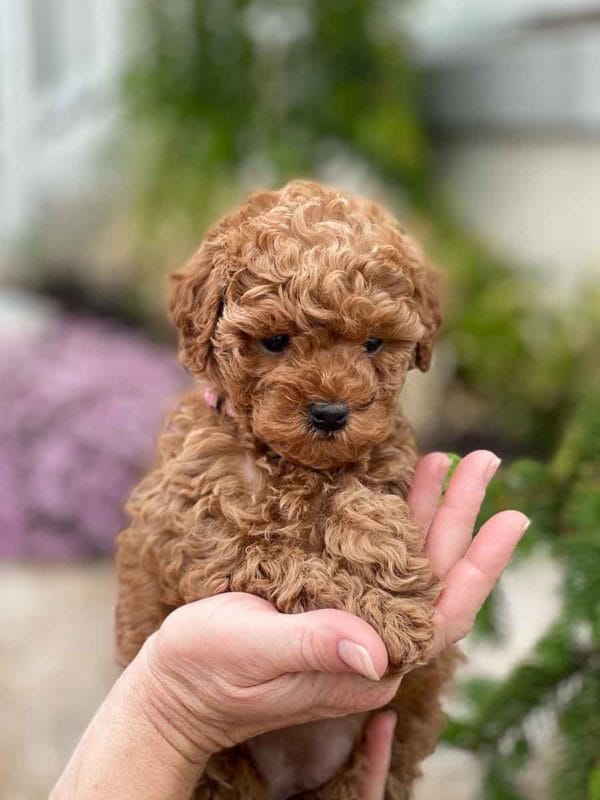 Precious Doodle Dogs, Labradoodle, doodle dog, labradoodle puppies for sale, labra, labradoodle for sale, Mini Doodle Dogs, miniature labradoodle, mini labradoodle, labradoodle puppy, how much is a labradoodle, labradoodle hypoallergenic, miniature labrador, mini labradoodle puppies for sale, labradoodle price, labradoodle shedding, labradoodle near me, miniature puppies for sale, white labradoodle, adult labradoodle, miniature labradoodle for sale, pictures of labradoodles, mini labradoodle puppies, miniature labradoodle puppies, red labradoodle, labradoodle breeders, labradoodle breeders near me, toy labradoodle, f1 labradoodle, small labradoodle, labradoodle for sale near me, golden labradoodle, miniature australian labradoodle, mini australian labradoodle, black labradoodle, labradoodle adoption, labradoodle dog, chocolate labradoodle puppies for sale, f1b labradoodle, labradoodle size, doodle puppies, mini doodle, how big do labradoodles get, brown labradoodle, chocolate labradoodle, mini labradoodle for sale, labradoodle puppies for sale near me, labradoodle cost, labradoodle temperament, labradoodle grooming, black and white labradoodle, mini australian labradoodle temperament, doodles for sale, mini doodle dog, australian labradoodle, full size labradoodle, shaved labradoodle, apricot labradoodle puppy, labradoodle austin, labradoodles austin texas, grown labradoodle, mini doodle breeds, labradoodle puppy cost, american labradoodle, labradoodle price range, f1b miniature labradoodle, labradoodles of long island, mini labradoodle near me, chocolate doodle puppies, labradoodle poodle, great doodle puppies, how big do mini labradoodles get, labradoodle names, are labradoodles smart, eden valley labradoodles, english manor labradoodles, red mini labradoodle, multigen labradoodle, labradoodle weight, labradoodle images, labradoodle cuts, miniture lab, labradoodle pics, labradoodle photos, mini golden labradoodle, miniature chocoalte lab, labradoodle personality, labradoodle facts, baby labradoodle, how much do labradoodles cost, caramel labradoodle, english labradoodle, labradoodles for sale, phantom labradoodle, labradoodle doodle, blue labradoodle, labradoodle colors, labradoodle hunting, labradoodle dog breeds, labradoodle allergies, pictures of labradoodle puppies, miniature lab for sale, lab and poodle mix, mini australian labradoodle cost, multigenerational labradoodle, lab poodle, mini doodles for sale, cute labradoodle, brown and white labradoodle, tiny goldendoodle, mini labradoodle price, f1 labradoodle puppy, brown labradoodle puppy, doodle dogs for sale, f1b mini labradoodle, medium labradoodle size, petite labradoodle, golden labradoodle puppy, black labradoodle puppies, best labradoodle breeders, mini labradoodle adoption, chocolate doodle, mini australian labradoodle, micro mini labradoodle, teacup labradoodle puppies for sale, mini labradoodle full grown, mini labradoodle size, mini australian labradoodle puppies for sale, parti labradoodle, mini chocolate labradoodle, f1 labradoodle puppies for sale, poodle labrador, mini australian doodle, labradoodle puppies for adoption, miniature labradoodle full grown, black miniature labradoodle , red labradoodle puppies, miniature chocolate labradoodle, mini labradoodles for sale near me, black labradoodle puppies for sale, micro labradoodle, chocolate australian labradoodle, apricot labradoodle, labradoodle mix, labradoodle info, australian labradoodle hypoallergenic, lab poodle mix puppy, adult mini labradoodle, family labradoodles, miniature labradoodle size, labradoodle puppies near me, cream labradoodle, chocolate labradoodle puppies, doodle puppies for sale, miniaure labradoodle for sale near me, teacup labradoodle, chocolate labradoodle for sale, chocolate mini labradoodle puppies for sale, miniature labradoodle breeders, silver labradoodle, black australian labradoodle, groodle puppies, mini labradoodle breeders, white labradoodle puppy, where to buy a labradoodle, black mini labradoodle, chocolate labradoodle puppies for sale near me, miniature labradoodle puppies for sale, labradoodle puppies price, labre doodle's, miniature labradoodle puppies, buy labradoodle, mini doodle puppies, mini labradoodle puppies for sale near me, mini labradoodle temperament, micro labradoodle puppies for sale, labradoodle information, golden labradoodle for sale, f1b labradoodle puppies for sale, toy labradoodle puppies for sale, how long do mini labradoodles live, chocolate and white labradoodle, labradoodle stud, labradoodle mini pup, what is a mini labradoodle, mini labradoodle images, mini poodle lab mix, what is a miniature labradoodle, labradoodle more lab than poodle, cute labradoodle puppies, miniature labradoodle puppies for sale, mini labrador breed, miniature labradoodle characteristics, images of miniature labradoodles, Mini Labradoodle Alabama, Mini Labradoodle Alaska, Mini Labradoodle Arizona, Mini Labradoodle Arkansas, Mini Labradoodle California, Mini Labradoodle Colorado, Mini Labradoodle Connecticut, Mini Labradoodle Delaware, Mini Labradoodle Florida, Mini Labradoodle Georgia, Mini Labradoodle Hawaii, Mini Labradoodle Idaho, Mini Labradoodle Illinois, Mini Labradoodle Indiana, Mini Labradoodle Iowa, Mini Labradoodle Kansas, Mini Labradoodle Kentucky, Mini Labradoodle Louisiana, Mini Labradoodle Maine, Mini Labradoodle Maryland, Mini Labradoodle Massachusetts, Mini Labradoodle Michigan, Mini Labradoodle Minnesota, Mini Labradoodle Mississippi, Mini Labradoodle Missouri, Mini Labradoodle Montana, Mini Labradoodle Nebraska, Mini Labradoodle Nevada, Mini Labradoodle New Hampshire, Mini Labradoodle New Jersey, Mini Labradoodle New Mexico, Mini Labradoodle New York, Mini Labradoodle North Carolina, Mini Labradoodle North Dakota, Mini Labradoodle Ohio, Mini Labradoodle Oklahoma, Mini Labradoodle Oregon, Mini Labradoodle Pennsylvania, Mini Labradoodle Rhode Island, Mini Labradoodle South Carolina, Mini Labradoodle South Dakota, Mini Labradoodle Tennessee, Mini Labradoodle Texas, Mini Labradoodle Utah, Mini Labradoodle Vermont, Mini Labradoodle Virginia, Mini Labradoodle Washington, Mini Labradoodle West Virginia, Mini Labradoodle Wisconsin, Mini Labradoodle Wyoming, Miniature Labradoodle Alabama, Miniature Labradoodle Alaska, Miniature Labradoodle Arizona, Miniature Labradoodle Arkansas, Miniature Labradoodle California, Miniature Labradoodle Colorado, Miniature Labradoodle Connecticut, Miniature Labradoodle Delaware, Miniature Labradoodle Florida, Miniature Labradoodle Georgia, Miniature Labradoodle Hawaii, Miniature Labradoodle Idaho, Miniature Labradoodle Illinois, Miniature Labradoodle Indiana, Miniature Labradoodle Iowa, Miniature Labradoodle Kansas, Miniature Labradoodle Kentucky, Miniature Labradoodle Louisiana, Miniature Labradoodle Maine, Miniature Labradoodle Maryland, Miniature Labradoodle Massachusetts, Miniature Labradoodle Michigan, Miniature Labradoodle Minnesota, Miniature Labradoodle Mississippi, Miniature Labradoodle Missouri, Miniature Labradoodle Montana, Miniature Labradoodle Nebraska, Miniature Labradoodle Nevada, Miniature Labradoodle New Hampshire, Miniature Labradoodle New Jersey, Miniature Labradoodle New Mexico, Miniature Labradoodle New York, Miniature Labradoodle North Carolina, Miniature Labradoodle North Dakota, Miniature Labradoodle Ohio, Miniature Labradoodle Oklahoma, Miniature Labradoodle Oregon, Miniature Labradoodle Pennsylvania, Miniature Labradoodle Rhode Island, Miniature Labradoodle South Carolina, Miniature Labradoodle South Dakota, Miniature Labradoodle Tennessee, Miniature Labradoodle Texas, Miniature Labradoodle Utah, Miniature Labradoodle Vermont, Miniature Labradoodle Virginia, Miniature Labradoodle Washington, Miniature Labradoodle West Virginia, Miniature Labradoodle Wisconsin, Miniature Labradoodle Wyoming, Mini Labradoodle puppies for sale Alabama, Mini Labradoodle puppies for sale Alaska, Mini Labradoodle puppies for sale Arizona, Mini Labradoodle puppies for sale Arkansas, Mini Labradoodle puppies for sale California, Mini Labradoodle puppies for sale Colorado, Mini Labradoodle puppies for sale Connecticut, Mini Labradoodle puppies for sale Delaware, Mini Labradoodle puppies for sale Florida, Mini Labradoodle puppies for sale Georgia, Mini Labradoodle puppies for sale Hawaii, Mini Labradoodle puppies for sale Idaho, Mini Labradoodle puppies for sale Illinois, Mini Labradoodle puppies for sale Indiana, Mini Labradoodle puppies for sale Iowa, Mini Labradoodle puppies for sale Kansas, Mini Labradoodle puppies for sale Kentucky, Mini Labradoodle puppies for sale Louisiana, Mini Labradoodle puppies for sale Maine, Mini Labradoodle puppies for sale Maryland, Mini Labradoodle puppies for sale Massachusetts, Mini Labradoodle puppies for sale Michigan, Mini Labradoodle puppies for sale Minnesota, Mini Labradoodle puppies for sale Mississippi, Mini Labradoodle puppies for sale Missouri, Mini Labradoodle puppies for sale Montana, Mini Labradoodle puppies for sale Nebraska, Mini Labradoodle puppies for sale Nevada, Mini Labradoodle puppies for sale New Hampshire, Mini Labradoodle puppies for sale New Jersey, Mini Labradoodle puppies for sale New Mexico, Mini Labradoodle puppies for sale New York, Mini Labradoodle puppies for sale North Carolina, Mini Labradoodle puppies for sale North Dakota, Mini Labradoodle puppies for sale Ohio, Mini Labradoodle puppies for sale Oklahoma, Mini Labradoodle puppies for sale Oregon, Mini Labradoodle puppies for sale Pennsylvania, Mini Labradoodle puppies for sale Rhode Island, Mini Labradoodle puppies for sale South Carolina, Mini Labradoodle puppies for sale South Dakota, Mini Labradoodle puppies for sale Tennessee, Mini Labradoodle puppies for sale Texas, Mini Labradoodle puppies for sale Utah, Mini Labradoodle puppies for sale Vermont, Mini Labradoodle puppies for sale Virginia, Mini Labradoodle puppies for sale Washington, Mini Labradoodle puppies for sale West Virginia, Mini Labradoodle puppies for sale Wisconsin, Mini Labradoodle puppies for sale Wyoming, Labradoodle puppies for sale Alabama, Labradoodle puppies for sale Alaska, Labradoodle puppies for sale Arizona, Labradoodle puppies for sale Arkansas, Labradoodle puppies for sale California, Labradoodle puppies for sale Colorado, Labradoodle puppies for sale Connecticut, Labradoodle puppies for sale Delaware, Labradoodle puppies for sale Florida, Labradoodle puppies for sale Georgia, Labradoodle puppies for sale Hawaii, Labradoodle puppies for sale Idaho, Labradoodle puppies for sale Illinois, Labradoodle puppies for sale Indiana, Labradoodle puppies for sale Iowa, Labradoodle puppies for sale Kansas, Labradoodle puppies for sale Kentucky, Labradoodle puppies for sale Louisiana, Labradoodle puppies for sale Maine, Labradoodle puppies for sale Maryland, Labradoodle puppies for sale Massachusetts, Labradoodle puppies for sale Michigan, Labradoodle puppies for sale Minnesota, Labradoodle puppies for sale Mississippi, Labradoodle puppies for sale Missouri, Labradoodle puppies for sale Montana, Labradoodle puppies for sale Nebraska, Labradoodle puppies for sale Nevada, Labradoodle puppies for sale New Hampshire, Labradoodle puppies for sale New Jersey, Labradoodle puppies for sale New Mexico, Labradoodle puppies for sale New York, Labradoodle puppies for sale North Carolina, Labradoodle puppies for sale North Dakota, Labradoodle puppies for sale Ohio, Labradoodle puppies for sale Oklahoma, Labradoodle puppies for sale Oregon, Labradoodle puppies for sale Pennsylvania, Labradoodle puppies for sale Rhode Island, Labradoodle puppies for sale South Carolina, Labradoodle puppies for sale South Dakota, Labradoodle puppies for sale Tennessee, Labradoodle puppies for sale Texas, Labradoodle puppies for sale Utah, Labradoodle puppies for sale Vermont, Labradoodle puppies for sale Virginia, Labradoodle puppies for sale Washington, Labradoodle puppies for sale West Virginia, Labradoodle puppies for sale Wisconsin, Labradoodle puppies for sale Wyoming, Labradoodles for sale in Alabama, Labradoodles for sale in Alaska, Labradoodles for sale in Arizona, Labradoodles for sale in Arkansas, Labradoodles for sale in California, Labradoodles for sale in Colorado, Labradoodles for sale in Connecticut, Labradoodles for sale in Delaware, Labradoodles for sale in Florida, Labradoodles for sale in Georgia, Labradoodles for sale in Hawaii, Labradoodles for sale in Idaho, Labradoodles for sale in Illinois, Labradoodles for sale in Indiana, Labradoodles for sale in Iowa, Labradoodles for sale in Kansas, Labradoodles for sale in Kentucky, Labradoodles for sale in Louisiana, Labradoodles for sale in Maine, Labradoodles for sale in Maryland, Labradoodles for sale in Massachusetts, Labradoodles for sale in Michigan, Labradoodles for sale in Minnesota, Labradoodles for sale in Mississippi, Labradoodles for sale in Missouri, Labradoodles for sale in Montana, Labradoodles for sale in Nebraska, Labradoodles for sale in Nevada, Labradoodles for sale in New Hampshire, Labradoodles for sale in New Jersey, Labradoodles for sale in New Mexico, Labradoodles for sale in New York, Labradoodles for sale in North Carolina, Labradoodles for sale in North Dakota, Labradoodles for sale in Ohio, Labradoodles for sale in Oklahoma, Labradoodles for sale in Oregon, Labradoodles for sale in Pennsylvania, Labradoodles for sale in Rhode Island, Labradoodles for sale in South Carolina, Labradoodles for sale in South Dakota, Labradoodles for sale in Tennessee, Labradoodles for sale in Texas, Labradoodles for sale in Utah, Labradoodles for sale in Vermont, Labradoodles for sale in Virginia, Labradoodles for sale in Washington, Labradoodles for sale in West Virginia, Labradoodles for sale in Wisconsin, Labradoodles for sale in Wyoming, Labradoodle Alabama, Labradoodle Alaska, Labradoodle Arizona, Labradoodle Arkansas, Labradoodle California, Labradoodle Colorado, Labradoodle Connecticut, Labradoodle Delaware, Labradoodle Florida, Labradoodle Georgia, Labradoodle Hawaii, Labradoodle Idaho, Labradoodle Illinois, Labradoodle Indiana, Labradoodle Iowa, Labradoodle Kansas, Labradoodle Kentucky, Labradoodle Louisiana, Labradoodle Maine, Labradoodle Maryland, Labradoodle Massachusetts, Labradoodle Michigan, Labradoodle Minnesota, Labradoodle Mississippi, Labradoodle Missouri, Labradoodle Montana, Labradoodle Nebraska, Labradoodle Nevada, Labradoodle New Hampshire, Labradoodle New Jersey, Labradoodle New Mexico, Labradoodle New York, Labradoodle North Carolina, Labradoodle North Dakota, Labradoodle Ohio, Labradoodle Oklahoma, Labradoodle Oregon, Labradoodle Pennsylvania, Labradoodle Rhode Island, Labradoodle South Carolina, Labradoodle South Dakota, Labradoodle Tennessee, Labradoodle Texas, Labradoodle Utah, Labradoodle Vermont, Labradoodle Virginia, Labradoodle Washington, Labradoodle West Virginia, Labradoodle Wisconsin, Labradoodle Wyoming, Labradoodle breeders Alabama, Labradoodle breeders Alaska, Labradoodle breeders Arizona, Labradoodle breeders Arkansas, Labradoodle breeders California, Labradoodle breeders Colorado, Labradoodle breeders Connecticut, Labradoodle breeders Delaware, Labradoodle breeders Florida, Labradoodle breeders Georgia, Labradoodle breeders Hawaii, Labradoodle breeders Idaho, Labradoodle breeders Illinois, Labradoodle breeders Indiana, Labradoodle breeders Iowa, Labradoodle breeders Kansas, Labradoodle breeders Kentucky, Labradoodle breeders Louisiana, Labradoodle breeders Maine, Labradoodle breeders Maryland, Labradoodle breeders Massachusetts, Labradoodle breeders Michigan, Labradoodle breeders Minnesota, Labradoodle breeders Mississippi, Labradoodle breeders Missouri, Labradoodle breeders Montana, Labradoodle breeders Nebraska, Labradoodle breeders Nevada, Labradoodle breeders New Hampshire, Labradoodle breeders New Jersey, Labradoodle breeders New Mexico, Labradoodle breeders New York, Labradoodle breeders North Carolina, Labradoodle breeders North Dakota, Labradoodle breeders Ohio, Labradoodle breeders Oklahoma, Labradoodle breeders Oregon, Labradoodle breeders Pennsylvania, Labradoodle breeders Rhode Island, Labradoodle breeders South Carolina, Labradoodle breeders South Dakota, Labradoodle breeders Tennessee, Labradoodle breeders Texas, Labradoodle breeders Utah, Labradoodle breeders Vermont, Labradoodle breeders Virginia, Labradoodle breeders Washington, Labradoodle breeders West Virginia, Labradoodle breeders Wisconsin, Labradoodle breeders Wyoming, Labradoodle puppies Alabama, Labradoodle puppies Alaska, Labradoodle puppies Arizona, Labradoodle puppies Arkansas, Labradoodle puppies California, Labradoodle puppies Colorado, Labradoodle puppies Connecticut, Labradoodle puppies Delaware, Labradoodle puppies Florida, Labradoodle puppies Georgia, Labradoodle puppies Hawaii, Labradoodle puppies Idaho, Labradoodle puppies Illinois, Labradoodle puppies Indiana, Labradoodle puppies Iowa, Labradoodle puppies Kansas, Labradoodle puppies Kentucky, Labradoodle puppies Louisiana, Labradoodle puppies Maine, Labradoodle puppies Maryland, Labradoodle puppies Massachusetts, Labradoodle puppies Michigan, Labradoodle puppies Minnesota, Labradoodle puppies Mississippi, Labradoodle puppies Missouri, Labradoodle puppies Montana, Labradoodle puppies Nebraska, Labradoodle puppies Nevada, Labradoodle puppies New Hampshire, Labradoodle puppies New Jersey, Labradoodle puppies New Mexico, Labradoodle puppies New York, Labradoodle puppies North Carolina, Labradoodle puppies North Dakota, Labradoodle puppies Ohio, Labradoodle puppies Oklahoma, Labradoodle puppies Oregon, Labradoodle puppies Pennsylvania, Labradoodle puppies Rhode Island, Labradoodle puppies South Carolina, Labradoodle puppies South Dakota, Labradoodle puppies Tennessee, Labradoodle puppies Texas, Labradoodle puppies Utah, Labradoodle puppies Vermont, Labradoodle puppies Virginia, Labradoodle puppies Washington, Labradoodle puppies West Virginia, Labradoodle puppies Wisconsin, Labradoodle puppies Wyoming, Toy Labradoodle Alabama, Toy Labradoodle Alaska, Toy Labradoodle Arizona, Toy Labradoodle Arkansas, Toy Labradoodle California, Toy Labradoodle Colorado, Toy Labradoodle Connecticut, Toy Labradoodle Delaware, Toy Labradoodle Florida, Toy Labradoodle Georgia, Toy Labradoodle Hawaii, Toy Labradoodle Idaho, Toy Labradoodle Illinois, Toy Labradoodle Indiana, Toy Labradoodle Iowa, Toy Labradoodle Kansas, Toy Labradoodle Kentucky, Toy Labradoodle Louisiana, Toy Labradoodle Maine, Toy Labradoodle Maryland, Toy Labradoodle Massachusetts, Toy Labradoodle Michigan, Toy Labradoodle Minnesota, Toy Labradoodle Mississippi, Toy Labradoodle Missouri, Toy Labradoodle Montana, Toy Labradoodle Nebraska, Toy Labradoodle Nevada, Toy Labradoodle New Hampshire, Toy Labradoodle New Jersey, Toy Labradoodle New Mexico, Toy Labradoodle New York, Toy Labradoodle North Carolina, Toy Labradoodle North Dakota, Toy Labradoodle Ohio, Toy Labradoodle Oklahoma, Toy Labradoodle Oregon, Toy Labradoodle Pennsylvania, Toy Labradoodle Rhode Island, Toy Labradoodle South Carolina, Toy Labradoodle South Dakota, Toy Labradoodle Tennessee, Toy Labradoodle Texas, Toy Labradoodle Utah, Toy Labradoodle Vermont, Toy Labradoodle Virginia, Toy Labradoodle Washington, Toy Labradoodle West Virginia, Toy Labradoodle Wisconsin, Toy Labradoodle Wyoming, Teacup Labradoodle Alabama, Teacup Labradoodle Alaska, Teacup Labradoodle Arizona, Teacup Labradoodle Arkansas, Teacup Labradoodle California, Teacup Labradoodle Colorado, Teacup Labradoodle Connecticut, Teacup Labradoodle Delaware, Teacup Labradoodle Florida, Teacup Labradoodle Georgia, Teacup Labradoodle Hawaii, Teacup Labradoodle Idaho, Teacup Labradoodle Illinois, Teacup Labradoodle Indiana, Teacup Labradoodle Iowa, Teacup Labradoodle Kansas, Teacup Labradoodle Kentucky, Teacup Labradoodle Louisiana, Teacup Labradoodle Maine, Teacup Labradoodle Maryland, Teacup Labradoodle Massachusetts, Teacup Labradoodle Michigan, Teacup Labradoodle Minnesota, Teacup Labradoodle Mississippi, Teacup Labradoodle Missouri, Teacup Labradoodle Montana, Teacup Labradoodle Nebraska, Teacup Labradoodle Nevada, Teacup Labradoodle New Hampshire, Teacup Labradoodle New Jersey, Teacup Labradoodle New Mexico, Teacup Labradoodle New York, Teacup Labradoodle North Carolina, Teacup Labradoodle North Dakota, Teacup Labradoodle Ohio, Teacup Labradoodle Oklahoma, Teacup Labradoodle Oregon, Teacup Labradoodle Pennsylvania, Teacup Labradoodle Rhode Island, Teacup Labradoodle South Carolina, Teacup Labradoodle South Dakota, Teacup Labradoodle Tennessee, Teacup Labradoodle Texas, Teacup Labradoodle Utah, Teacup Labradoodle Vermont, Teacup Labradoodle Virginia, Teacup Labradoodle Washington, Teacup Labradoodle West Virginia, Teacup Labradoodle Wisconsin, Teacup Labradoodle Wyoming