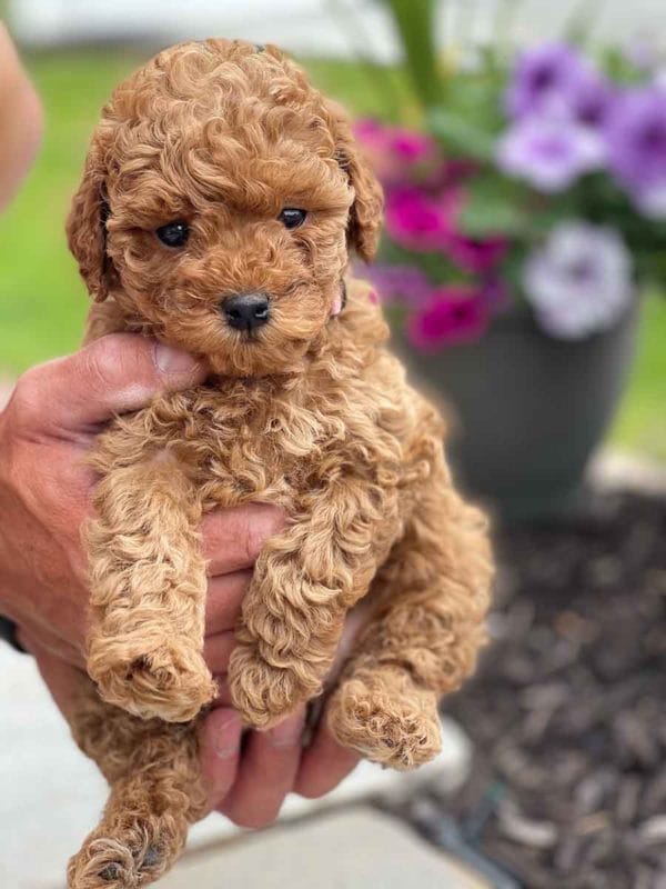 Precious Doodle Dogs, Labradoodle, doodle dog, labradoodle puppies for sale, labra, labradoodle for sale, Mini Doodle Dogs, miniature labradoodle, mini labradoodle, labradoodle puppy, how much is a labradoodle, labradoodle hypoallergenic, miniature labrador, mini labradoodle puppies for sale, labradoodle price, labradoodle shedding, labradoodle near me, miniature puppies for sale, white labradoodle, adult labradoodle, miniature labradoodle for sale, pictures of labradoodles, mini labradoodle puppies, miniature labradoodle puppies, red labradoodle, labradoodle breeders, labradoodle breeders near me, toy labradoodle, f1 labradoodle, small labradoodle, labradoodle for sale near me, golden labradoodle, miniature australian labradoodle, mini australian labradoodle, black labradoodle, labradoodle adoption, labradoodle dog, chocolate labradoodle puppies for sale, f1b labradoodle, labradoodle size, doodle puppies, mini doodle, how big do labradoodles get, brown labradoodle, chocolate labradoodle, mini labradoodle for sale, labradoodle puppies for sale near me, labradoodle cost, labradoodle temperament, labradoodle grooming, black and white labradoodle, mini australian labradoodle temperament, doodles for sale, mini doodle dog, australian labradoodle, full size labradoodle, shaved labradoodle, apricot labradoodle puppy, labradoodle austin, labradoodles austin texas, grown labradoodle, mini doodle breeds, labradoodle puppy cost, american labradoodle, labradoodle price range, f1b miniature labradoodle, labradoodles of long island, mini labradoodle near me, chocolate doodle puppies, labradoodle poodle, great doodle puppies, how big do mini labradoodles get, labradoodle names, are labradoodles smart, eden valley labradoodles, english manor labradoodles, red mini labradoodle, multigen labradoodle, labradoodle weight, labradoodle images, labradoodle cuts, miniture lab, labradoodle pics, labradoodle photos, mini golden labradoodle, miniature chocoalte lab, labradoodle personality, labradoodle facts, baby labradoodle, how much do labradoodles cost, caramel labradoodle, english labradoodle, labradoodles for sale, phantom labradoodle, labradoodle doodle, blue labradoodle, labradoodle colors, labradoodle hunting, labradoodle dog breeds, labradoodle allergies, pictures of labradoodle puppies, miniature lab for sale, lab and poodle mix, mini australian labradoodle cost, multigenerational labradoodle, lab poodle, mini doodles for sale, cute labradoodle, brown and white labradoodle, tiny goldendoodle, mini labradoodle price, f1 labradoodle puppy, brown labradoodle puppy, doodle dogs for sale, f1b mini labradoodle, medium labradoodle size, petite labradoodle, golden labradoodle puppy, black labradoodle puppies, best labradoodle breeders, mini labradoodle adoption, chocolate doodle, mini australian labradoodle, micro mini labradoodle, teacup labradoodle puppies for sale, mini labradoodle full grown, mini labradoodle size, mini australian labradoodle puppies for sale, parti labradoodle, mini chocolate labradoodle, f1 labradoodle puppies for sale, poodle labrador, mini australian doodle, labradoodle puppies for adoption, miniature labradoodle full grown, black miniature labradoodle , red labradoodle puppies, miniature chocolate labradoodle, mini labradoodles for sale near me, black labradoodle puppies for sale, micro labradoodle, chocolate australian labradoodle, apricot labradoodle, labradoodle mix, labradoodle info, australian labradoodle hypoallergenic, lab poodle mix puppy, adult mini labradoodle, family labradoodles, miniature labradoodle size, labradoodle puppies near me, cream labradoodle, chocolate labradoodle puppies, doodle puppies for sale, miniaure labradoodle for sale near me, teacup labradoodle, chocolate labradoodle for sale, chocolate mini labradoodle puppies for sale, miniature labradoodle breeders, silver labradoodle, black australian labradoodle, groodle puppies, mini labradoodle breeders, white labradoodle puppy, where to buy a labradoodle, black mini labradoodle, chocolate labradoodle puppies for sale near me, miniature labradoodle puppies for sale, labradoodle puppies price, labre doodle's, miniature labradoodle puppies, buy labradoodle, mini doodle puppies, mini labradoodle puppies for sale near me, mini labradoodle temperament, micro labradoodle puppies for sale, labradoodle information, golden labradoodle for sale, f1b labradoodle puppies for sale, toy labradoodle puppies for sale, how long do mini labradoodles live, chocolate and white labradoodle, labradoodle stud, labradoodle mini pup, what is a mini labradoodle, mini labradoodle images, mini poodle lab mix, what is a miniature labradoodle, labradoodle more lab than poodle, cute labradoodle puppies, miniature labradoodle puppies for sale, mini labrador breed, miniature labradoodle characteristics, images of miniature labradoodles, Mini Labradoodle Alabama, Mini Labradoodle Alaska, Mini Labradoodle Arizona, Mini Labradoodle Arkansas, Mini Labradoodle California, Mini Labradoodle Colorado, Mini Labradoodle Connecticut, Mini Labradoodle Delaware, Mini Labradoodle Florida, Mini Labradoodle Georgia, Mini Labradoodle Hawaii, Mini Labradoodle Idaho, Mini Labradoodle Illinois, Mini Labradoodle Indiana, Mini Labradoodle Iowa, Mini Labradoodle Kansas, Mini Labradoodle Kentucky, Mini Labradoodle Louisiana, Mini Labradoodle Maine, Mini Labradoodle Maryland, Mini Labradoodle Massachusetts, Mini Labradoodle Michigan, Mini Labradoodle Minnesota, Mini Labradoodle Mississippi, Mini Labradoodle Missouri, Mini Labradoodle Montana, Mini Labradoodle Nebraska, Mini Labradoodle Nevada, Mini Labradoodle New Hampshire, Mini Labradoodle New Jersey, Mini Labradoodle New Mexico, Mini Labradoodle New York, Mini Labradoodle North Carolina, Mini Labradoodle North Dakota, Mini Labradoodle Ohio, Mini Labradoodle Oklahoma, Mini Labradoodle Oregon, Mini Labradoodle Pennsylvania, Mini Labradoodle Rhode Island, Mini Labradoodle South Carolina, Mini Labradoodle South Dakota, Mini Labradoodle Tennessee, Mini Labradoodle Texas, Mini Labradoodle Utah, Mini Labradoodle Vermont, Mini Labradoodle Virginia, Mini Labradoodle Washington, Mini Labradoodle West Virginia, Mini Labradoodle Wisconsin, Mini Labradoodle Wyoming, Miniature Labradoodle Alabama, Miniature Labradoodle Alaska, Miniature Labradoodle Arizona, Miniature Labradoodle Arkansas, Miniature Labradoodle California, Miniature Labradoodle Colorado, Miniature Labradoodle Connecticut, Miniature Labradoodle Delaware, Miniature Labradoodle Florida, Miniature Labradoodle Georgia, Miniature Labradoodle Hawaii, Miniature Labradoodle Idaho, Miniature Labradoodle Illinois, Miniature Labradoodle Indiana, Miniature Labradoodle Iowa, Miniature Labradoodle Kansas, Miniature Labradoodle Kentucky, Miniature Labradoodle Louisiana, Miniature Labradoodle Maine, Miniature Labradoodle Maryland, Miniature Labradoodle Massachusetts, Miniature Labradoodle Michigan, Miniature Labradoodle Minnesota, Miniature Labradoodle Mississippi, Miniature Labradoodle Missouri, Miniature Labradoodle Montana, Miniature Labradoodle Nebraska, Miniature Labradoodle Nevada, Miniature Labradoodle New Hampshire, Miniature Labradoodle New Jersey, Miniature Labradoodle New Mexico, Miniature Labradoodle New York, Miniature Labradoodle North Carolina, Miniature Labradoodle North Dakota, Miniature Labradoodle Ohio, Miniature Labradoodle Oklahoma, Miniature Labradoodle Oregon, Miniature Labradoodle Pennsylvania, Miniature Labradoodle Rhode Island, Miniature Labradoodle South Carolina, Miniature Labradoodle South Dakota, Miniature Labradoodle Tennessee, Miniature Labradoodle Texas, Miniature Labradoodle Utah, Miniature Labradoodle Vermont, Miniature Labradoodle Virginia, Miniature Labradoodle Washington, Miniature Labradoodle West Virginia, Miniature Labradoodle Wisconsin, Miniature Labradoodle Wyoming, Mini Labradoodle puppies for sale Alabama, Mini Labradoodle puppies for sale Alaska, Mini Labradoodle puppies for sale Arizona, Mini Labradoodle puppies for sale Arkansas, Mini Labradoodle puppies for sale California, Mini Labradoodle puppies for sale Colorado, Mini Labradoodle puppies for sale Connecticut, Mini Labradoodle puppies for sale Delaware, Mini Labradoodle puppies for sale Florida, Mini Labradoodle puppies for sale Georgia, Mini Labradoodle puppies for sale Hawaii, Mini Labradoodle puppies for sale Idaho, Mini Labradoodle puppies for sale Illinois, Mini Labradoodle puppies for sale Indiana, Mini Labradoodle puppies for sale Iowa, Mini Labradoodle puppies for sale Kansas, Mini Labradoodle puppies for sale Kentucky, Mini Labradoodle puppies for sale Louisiana, Mini Labradoodle puppies for sale Maine, Mini Labradoodle puppies for sale Maryland, Mini Labradoodle puppies for sale Massachusetts, Mini Labradoodle puppies for sale Michigan, Mini Labradoodle puppies for sale Minnesota, Mini Labradoodle puppies for sale Mississippi, Mini Labradoodle puppies for sale Missouri, Mini Labradoodle puppies for sale Montana, Mini Labradoodle puppies for sale Nebraska, Mini Labradoodle puppies for sale Nevada, Mini Labradoodle puppies for sale New Hampshire, Mini Labradoodle puppies for sale New Jersey, Mini Labradoodle puppies for sale New Mexico, Mini Labradoodle puppies for sale New York, Mini Labradoodle puppies for sale North Carolina, Mini Labradoodle puppies for sale North Dakota, Mini Labradoodle puppies for sale Ohio, Mini Labradoodle puppies for sale Oklahoma, Mini Labradoodle puppies for sale Oregon, Mini Labradoodle puppies for sale Pennsylvania, Mini Labradoodle puppies for sale Rhode Island, Mini Labradoodle puppies for sale South Carolina, Mini Labradoodle puppies for sale South Dakota, Mini Labradoodle puppies for sale Tennessee, Mini Labradoodle puppies for sale Texas, Mini Labradoodle puppies for sale Utah, Mini Labradoodle puppies for sale Vermont, Mini Labradoodle puppies for sale Virginia, Mini Labradoodle puppies for sale Washington, Mini Labradoodle puppies for sale West Virginia, Mini Labradoodle puppies for sale Wisconsin, Mini Labradoodle puppies for sale Wyoming, Labradoodle puppies for sale Alabama, Labradoodle puppies for sale Alaska, Labradoodle puppies for sale Arizona, Labradoodle puppies for sale Arkansas, Labradoodle puppies for sale California, Labradoodle puppies for sale Colorado, Labradoodle puppies for sale Connecticut, Labradoodle puppies for sale Delaware, Labradoodle puppies for sale Florida, Labradoodle puppies for sale Georgia, Labradoodle puppies for sale Hawaii, Labradoodle puppies for sale Idaho, Labradoodle puppies for sale Illinois, Labradoodle puppies for sale Indiana, Labradoodle puppies for sale Iowa, Labradoodle puppies for sale Kansas, Labradoodle puppies for sale Kentucky, Labradoodle puppies for sale Louisiana, Labradoodle puppies for sale Maine, Labradoodle puppies for sale Maryland, Labradoodle puppies for sale Massachusetts, Labradoodle puppies for sale Michigan, Labradoodle puppies for sale Minnesota, Labradoodle puppies for sale Mississippi, Labradoodle puppies for sale Missouri, Labradoodle puppies for sale Montana, Labradoodle puppies for sale Nebraska, Labradoodle puppies for sale Nevada, Labradoodle puppies for sale New Hampshire, Labradoodle puppies for sale New Jersey, Labradoodle puppies for sale New Mexico, Labradoodle puppies for sale New York, Labradoodle puppies for sale North Carolina, Labradoodle puppies for sale North Dakota, Labradoodle puppies for sale Ohio, Labradoodle puppies for sale Oklahoma, Labradoodle puppies for sale Oregon, Labradoodle puppies for sale Pennsylvania, Labradoodle puppies for sale Rhode Island, Labradoodle puppies for sale South Carolina, Labradoodle puppies for sale South Dakota, Labradoodle puppies for sale Tennessee, Labradoodle puppies for sale Texas, Labradoodle puppies for sale Utah, Labradoodle puppies for sale Vermont, Labradoodle puppies for sale Virginia, Labradoodle puppies for sale Washington, Labradoodle puppies for sale West Virginia, Labradoodle puppies for sale Wisconsin, Labradoodle puppies for sale Wyoming, Labradoodles for sale in Alabama, Labradoodles for sale in Alaska, Labradoodles for sale in Arizona, Labradoodles for sale in Arkansas, Labradoodles for sale in California, Labradoodles for sale in Colorado, Labradoodles for sale in Connecticut, Labradoodles for sale in Delaware, Labradoodles for sale in Florida, Labradoodles for sale in Georgia, Labradoodles for sale in Hawaii, Labradoodles for sale in Idaho, Labradoodles for sale in Illinois, Labradoodles for sale in Indiana, Labradoodles for sale in Iowa, Labradoodles for sale in Kansas, Labradoodles for sale in Kentucky, Labradoodles for sale in Louisiana, Labradoodles for sale in Maine, Labradoodles for sale in Maryland, Labradoodles for sale in Massachusetts, Labradoodles for sale in Michigan, Labradoodles for sale in Minnesota, Labradoodles for sale in Mississippi, Labradoodles for sale in Missouri, Labradoodles for sale in Montana, Labradoodles for sale in Nebraska, Labradoodles for sale in Nevada, Labradoodles for sale in New Hampshire, Labradoodles for sale in New Jersey, Labradoodles for sale in New Mexico, Labradoodles for sale in New York, Labradoodles for sale in North Carolina, Labradoodles for sale in North Dakota, Labradoodles for sale in Ohio, Labradoodles for sale in Oklahoma, Labradoodles for sale in Oregon, Labradoodles for sale in Pennsylvania, Labradoodles for sale in Rhode Island, Labradoodles for sale in South Carolina, Labradoodles for sale in South Dakota, Labradoodles for sale in Tennessee, Labradoodles for sale in Texas, Labradoodles for sale in Utah, Labradoodles for sale in Vermont, Labradoodles for sale in Virginia, Labradoodles for sale in Washington, Labradoodles for sale in West Virginia, Labradoodles for sale in Wisconsin, Labradoodles for sale in Wyoming, Labradoodle Alabama, Labradoodle Alaska, Labradoodle Arizona, Labradoodle Arkansas, Labradoodle California, Labradoodle Colorado, Labradoodle Connecticut, Labradoodle Delaware, Labradoodle Florida, Labradoodle Georgia, Labradoodle Hawaii, Labradoodle Idaho, Labradoodle Illinois, Labradoodle Indiana, Labradoodle Iowa, Labradoodle Kansas, Labradoodle Kentucky, Labradoodle Louisiana, Labradoodle Maine, Labradoodle Maryland, Labradoodle Massachusetts, Labradoodle Michigan, Labradoodle Minnesota, Labradoodle Mississippi, Labradoodle Missouri, Labradoodle Montana, Labradoodle Nebraska, Labradoodle Nevada, Labradoodle New Hampshire, Labradoodle New Jersey, Labradoodle New Mexico, Labradoodle New York, Labradoodle North Carolina, Labradoodle North Dakota, Labradoodle Ohio, Labradoodle Oklahoma, Labradoodle Oregon, Labradoodle Pennsylvania, Labradoodle Rhode Island, Labradoodle South Carolina, Labradoodle South Dakota, Labradoodle Tennessee, Labradoodle Texas, Labradoodle Utah, Labradoodle Vermont, Labradoodle Virginia, Labradoodle Washington, Labradoodle West Virginia, Labradoodle Wisconsin, Labradoodle Wyoming, Labradoodle breeders Alabama, Labradoodle breeders Alaska, Labradoodle breeders Arizona, Labradoodle breeders Arkansas, Labradoodle breeders California, Labradoodle breeders Colorado, Labradoodle breeders Connecticut, Labradoodle breeders Delaware, Labradoodle breeders Florida, Labradoodle breeders Georgia, Labradoodle breeders Hawaii, Labradoodle breeders Idaho, Labradoodle breeders Illinois, Labradoodle breeders Indiana, Labradoodle breeders Iowa, Labradoodle breeders Kansas, Labradoodle breeders Kentucky, Labradoodle breeders Louisiana, Labradoodle breeders Maine, Labradoodle breeders Maryland, Labradoodle breeders Massachusetts, Labradoodle breeders Michigan, Labradoodle breeders Minnesota, Labradoodle breeders Mississippi, Labradoodle breeders Missouri, Labradoodle breeders Montana, Labradoodle breeders Nebraska, Labradoodle breeders Nevada, Labradoodle breeders New Hampshire, Labradoodle breeders New Jersey, Labradoodle breeders New Mexico, Labradoodle breeders New York, Labradoodle breeders North Carolina, Labradoodle breeders North Dakota, Labradoodle breeders Ohio, Labradoodle breeders Oklahoma, Labradoodle breeders Oregon, Labradoodle breeders Pennsylvania, Labradoodle breeders Rhode Island, Labradoodle breeders South Carolina, Labradoodle breeders South Dakota, Labradoodle breeders Tennessee, Labradoodle breeders Texas, Labradoodle breeders Utah, Labradoodle breeders Vermont, Labradoodle breeders Virginia, Labradoodle breeders Washington, Labradoodle breeders West Virginia, Labradoodle breeders Wisconsin, Labradoodle breeders Wyoming, Labradoodle puppies Alabama, Labradoodle puppies Alaska, Labradoodle puppies Arizona, Labradoodle puppies Arkansas, Labradoodle puppies California, Labradoodle puppies Colorado, Labradoodle puppies Connecticut, Labradoodle puppies Delaware, Labradoodle puppies Florida, Labradoodle puppies Georgia, Labradoodle puppies Hawaii, Labradoodle puppies Idaho, Labradoodle puppies Illinois, Labradoodle puppies Indiana, Labradoodle puppies Iowa, Labradoodle puppies Kansas, Labradoodle puppies Kentucky, Labradoodle puppies Louisiana, Labradoodle puppies Maine, Labradoodle puppies Maryland, Labradoodle puppies Massachusetts, Labradoodle puppies Michigan, Labradoodle puppies Minnesota, Labradoodle puppies Mississippi, Labradoodle puppies Missouri, Labradoodle puppies Montana, Labradoodle puppies Nebraska, Labradoodle puppies Nevada, Labradoodle puppies New Hampshire, Labradoodle puppies New Jersey, Labradoodle puppies New Mexico, Labradoodle puppies New York, Labradoodle puppies North Carolina, Labradoodle puppies North Dakota, Labradoodle puppies Ohio, Labradoodle puppies Oklahoma, Labradoodle puppies Oregon, Labradoodle puppies Pennsylvania, Labradoodle puppies Rhode Island, Labradoodle puppies South Carolina, Labradoodle puppies South Dakota, Labradoodle puppies Tennessee, Labradoodle puppies Texas, Labradoodle puppies Utah, Labradoodle puppies Vermont, Labradoodle puppies Virginia, Labradoodle puppies Washington, Labradoodle puppies West Virginia, Labradoodle puppies Wisconsin, Labradoodle puppies Wyoming, Toy Labradoodle Alabama, Toy Labradoodle Alaska, Toy Labradoodle Arizona, Toy Labradoodle Arkansas, Toy Labradoodle California, Toy Labradoodle Colorado, Toy Labradoodle Connecticut, Toy Labradoodle Delaware, Toy Labradoodle Florida, Toy Labradoodle Georgia, Toy Labradoodle Hawaii, Toy Labradoodle Idaho, Toy Labradoodle Illinois, Toy Labradoodle Indiana, Toy Labradoodle Iowa, Toy Labradoodle Kansas, Toy Labradoodle Kentucky, Toy Labradoodle Louisiana, Toy Labradoodle Maine, Toy Labradoodle Maryland, Toy Labradoodle Massachusetts, Toy Labradoodle Michigan, Toy Labradoodle Minnesota, Toy Labradoodle Mississippi, Toy Labradoodle Missouri, Toy Labradoodle Montana, Toy Labradoodle Nebraska, Toy Labradoodle Nevada, Toy Labradoodle New Hampshire, Toy Labradoodle New Jersey, Toy Labradoodle New Mexico, Toy Labradoodle New York, Toy Labradoodle North Carolina, Toy Labradoodle North Dakota, Toy Labradoodle Ohio, Toy Labradoodle Oklahoma, Toy Labradoodle Oregon, Toy Labradoodle Pennsylvania, Toy Labradoodle Rhode Island, Toy Labradoodle South Carolina, Toy Labradoodle South Dakota, Toy Labradoodle Tennessee, Toy Labradoodle Texas, Toy Labradoodle Utah, Toy Labradoodle Vermont, Toy Labradoodle Virginia, Toy Labradoodle Washington, Toy Labradoodle West Virginia, Toy Labradoodle Wisconsin, Toy Labradoodle Wyoming, Teacup Labradoodle Alabama, Teacup Labradoodle Alaska, Teacup Labradoodle Arizona, Teacup Labradoodle Arkansas, Teacup Labradoodle California, Teacup Labradoodle Colorado, Teacup Labradoodle Connecticut, Teacup Labradoodle Delaware, Teacup Labradoodle Florida, Teacup Labradoodle Georgia, Teacup Labradoodle Hawaii, Teacup Labradoodle Idaho, Teacup Labradoodle Illinois, Teacup Labradoodle Indiana, Teacup Labradoodle Iowa, Teacup Labradoodle Kansas, Teacup Labradoodle Kentucky, Teacup Labradoodle Louisiana, Teacup Labradoodle Maine, Teacup Labradoodle Maryland, Teacup Labradoodle Massachusetts, Teacup Labradoodle Michigan, Teacup Labradoodle Minnesota, Teacup Labradoodle Mississippi, Teacup Labradoodle Missouri, Teacup Labradoodle Montana, Teacup Labradoodle Nebraska, Teacup Labradoodle Nevada, Teacup Labradoodle New Hampshire, Teacup Labradoodle New Jersey, Teacup Labradoodle New Mexico, Teacup Labradoodle New York, Teacup Labradoodle North Carolina, Teacup Labradoodle North Dakota, Teacup Labradoodle Ohio, Teacup Labradoodle Oklahoma, Teacup Labradoodle Oregon, Teacup Labradoodle Pennsylvania, Teacup Labradoodle Rhode Island, Teacup Labradoodle South Carolina, Teacup Labradoodle South Dakota, Teacup Labradoodle Tennessee, Teacup Labradoodle Texas, Teacup Labradoodle Utah, Teacup Labradoodle Vermont, Teacup Labradoodle Virginia, Teacup Labradoodle Washington, Teacup Labradoodle West Virginia, Teacup Labradoodle Wisconsin, Teacup Labradoodle Wyoming