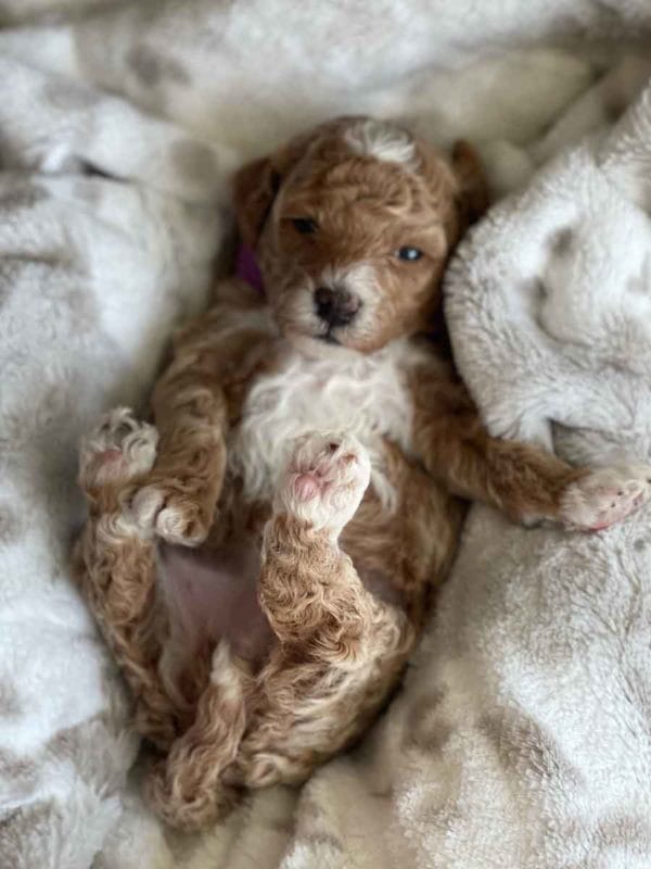 Precious Doodle Dogs, Labradoodle, doodle dog, labradoodle puppies for sale, labra, labradoodle for sale, Mini Doodle Dogs, miniature labradoodle, mini labradoodle, labradoodle puppy, how much is a labradoodle, labradoodle hypoallergenic, miniature labrador, mini labradoodle puppies for sale, labradoodle price, labradoodle shedding, labradoodle near me, miniature puppies for sale, white labradoodle, adult labradoodle, miniature labradoodle for sale, pictures of labradoodles, mini labradoodle puppies, miniature labradoodle puppies, red labradoodle, labradoodle breeders, labradoodle breeders near me, toy labradoodle, f1 labradoodle, small labradoodle, labradoodle for sale near me, golden labradoodle, miniature australian labradoodle, mini australian labradoodle, black labradoodle, labradoodle adoption, labradoodle dog, chocolate labradoodle puppies for sale, f1b labradoodle, labradoodle size, doodle puppies, mini doodle, how big do labradoodles get, brown labradoodle, chocolate labradoodle, mini labradoodle for sale, labradoodle puppies for sale near me, labradoodle cost, labradoodle temperament, labradoodle grooming, black and white labradoodle, mini australian labradoodle temperament, doodles for sale, mini doodle dog, australian labradoodle, full size labradoodle, shaved labradoodle, apricot labradoodle puppy, labradoodle austin, labradoodles austin texas, grown labradoodle, mini doodle breeds, labradoodle puppy cost, american labradoodle, labradoodle price range, f1b miniature labradoodle, labradoodles of long island, mini labradoodle near me, chocolate doodle puppies, labradoodle poodle, great doodle puppies, how big do mini labradoodles get, labradoodle names, are labradoodles smart, eden valley labradoodles, english manor labradoodles, red mini labradoodle, multigen labradoodle, labradoodle weight, labradoodle images, labradoodle cuts, miniture lab, labradoodle pics, labradoodle photos, mini golden labradoodle, miniature chocoalte lab, labradoodle personality, labradoodle facts, baby labradoodle, how much do labradoodles cost, caramel labradoodle, english labradoodle, labradoodles for sale, phantom labradoodle, labradoodle doodle, blue labradoodle, labradoodle colors, labradoodle hunting, labradoodle dog breeds, labradoodle allergies, pictures of labradoodle puppies, miniature lab for sale, lab and poodle mix, mini australian labradoodle cost, multigenerational labradoodle, lab poodle, mini doodles for sale, cute labradoodle, brown and white labradoodle, tiny goldendoodle, mini labradoodle price, f1 labradoodle puppy, brown labradoodle puppy, doodle dogs for sale, f1b mini labradoodle, medium labradoodle size, petite labradoodle, golden labradoodle puppy, black labradoodle puppies, best labradoodle breeders, mini labradoodle adoption, chocolate doodle, mini australian labradoodle, micro mini labradoodle, teacup labradoodle puppies for sale, mini labradoodle full grown, mini labradoodle size, mini australian labradoodle puppies for sale, parti labradoodle, mini chocolate labradoodle, f1 labradoodle puppies for sale, poodle labrador, mini australian doodle, labradoodle puppies for adoption, miniature labradoodle full grown, black miniature labradoodle , red labradoodle puppies, miniature chocolate labradoodle, mini labradoodles for sale near me, black labradoodle puppies for sale, micro labradoodle, chocolate australian labradoodle, apricot labradoodle, labradoodle mix, labradoodle info, australian labradoodle hypoallergenic, lab poodle mix puppy, adult mini labradoodle, family labradoodles, miniature labradoodle size, labradoodle puppies near me, cream labradoodle, chocolate labradoodle puppies, doodle puppies for sale, miniaure labradoodle for sale near me, teacup labradoodle, chocolate labradoodle for sale, chocolate mini labradoodle puppies for sale, miniature labradoodle breeders, silver labradoodle, black australian labradoodle, groodle puppies, mini labradoodle breeders, white labradoodle puppy, where to buy a labradoodle, black mini labradoodle, chocolate labradoodle puppies for sale near me, miniature labradoodle puppies for sale, labradoodle puppies price, labre doodle's, miniature labradoodle puppies, buy labradoodle, mini doodle puppies, mini labradoodle puppies for sale near me, mini labradoodle temperament, micro labradoodle puppies for sale, labradoodle information, golden labradoodle for sale, f1b labradoodle puppies for sale, toy labradoodle puppies for sale, how long do mini labradoodles live, chocolate and white labradoodle, labradoodle stud, labradoodle mini pup, what is a mini labradoodle, mini labradoodle images, mini poodle lab mix, what is a miniature labradoodle, labradoodle more lab than poodle, cute labradoodle puppies, miniature labradoodle puppies for sale, mini labrador breed, miniature labradoodle characteristics, images of miniature labradoodles, Mini Labradoodle Alabama, Mini Labradoodle Alaska, Mini Labradoodle Arizona, Mini Labradoodle Arkansas, Mini Labradoodle California, Mini Labradoodle Colorado, Mini Labradoodle Connecticut, Mini Labradoodle Delaware, Mini Labradoodle Florida, Mini Labradoodle Georgia, Mini Labradoodle Hawaii, Mini Labradoodle Idaho, Mini Labradoodle Illinois, Mini Labradoodle Indiana, Mini Labradoodle Iowa, Mini Labradoodle Kansas, Mini Labradoodle Kentucky, Mini Labradoodle Louisiana, Mini Labradoodle Maine, Mini Labradoodle Maryland, Mini Labradoodle Massachusetts, Mini Labradoodle Michigan, Mini Labradoodle Minnesota, Mini Labradoodle Mississippi, Mini Labradoodle Missouri, Mini Labradoodle Montana, Mini Labradoodle Nebraska, Mini Labradoodle Nevada, Mini Labradoodle New Hampshire, Mini Labradoodle New Jersey, Mini Labradoodle New Mexico, Mini Labradoodle New York, Mini Labradoodle North Carolina, Mini Labradoodle North Dakota, Mini Labradoodle Ohio, Mini Labradoodle Oklahoma, Mini Labradoodle Oregon, Mini Labradoodle Pennsylvania, Mini Labradoodle Rhode Island, Mini Labradoodle South Carolina, Mini Labradoodle South Dakota, Mini Labradoodle Tennessee, Mini Labradoodle Texas, Mini Labradoodle Utah, Mini Labradoodle Vermont, Mini Labradoodle Virginia, Mini Labradoodle Washington, Mini Labradoodle West Virginia, Mini Labradoodle Wisconsin, Mini Labradoodle Wyoming, Miniature Labradoodle Alabama, Miniature Labradoodle Alaska, Miniature Labradoodle Arizona, Miniature Labradoodle Arkansas, Miniature Labradoodle California, Miniature Labradoodle Colorado, Miniature Labradoodle Connecticut, Miniature Labradoodle Delaware, Miniature Labradoodle Florida, Miniature Labradoodle Georgia, Miniature Labradoodle Hawaii, Miniature Labradoodle Idaho, Miniature Labradoodle Illinois, Miniature Labradoodle Indiana, Miniature Labradoodle Iowa, Miniature Labradoodle Kansas, Miniature Labradoodle Kentucky, Miniature Labradoodle Louisiana, Miniature Labradoodle Maine, Miniature Labradoodle Maryland, Miniature Labradoodle Massachusetts, Miniature Labradoodle Michigan, Miniature Labradoodle Minnesota, Miniature Labradoodle Mississippi, Miniature Labradoodle Missouri, Miniature Labradoodle Montana, Miniature Labradoodle Nebraska, Miniature Labradoodle Nevada, Miniature Labradoodle New Hampshire, Miniature Labradoodle New Jersey, Miniature Labradoodle New Mexico, Miniature Labradoodle New York, Miniature Labradoodle North Carolina, Miniature Labradoodle North Dakota, Miniature Labradoodle Ohio, Miniature Labradoodle Oklahoma, Miniature Labradoodle Oregon, Miniature Labradoodle Pennsylvania, Miniature Labradoodle Rhode Island, Miniature Labradoodle South Carolina, Miniature Labradoodle South Dakota, Miniature Labradoodle Tennessee, Miniature Labradoodle Texas, Miniature Labradoodle Utah, Miniature Labradoodle Vermont, Miniature Labradoodle Virginia, Miniature Labradoodle Washington, Miniature Labradoodle West Virginia, Miniature Labradoodle Wisconsin, Miniature Labradoodle Wyoming, Mini Labradoodle puppies for sale Alabama, Mini Labradoodle puppies for sale Alaska, Mini Labradoodle puppies for sale Arizona, Mini Labradoodle puppies for sale Arkansas, Mini Labradoodle puppies for sale California, Mini Labradoodle puppies for sale Colorado, Mini Labradoodle puppies for sale Connecticut, Mini Labradoodle puppies for sale Delaware, Mini Labradoodle puppies for sale Florida, Mini Labradoodle puppies for sale Georgia, Mini Labradoodle puppies for sale Hawaii, Mini Labradoodle puppies for sale Idaho, Mini Labradoodle puppies for sale Illinois, Mini Labradoodle puppies for sale Indiana, Mini Labradoodle puppies for sale Iowa, Mini Labradoodle puppies for sale Kansas, Mini Labradoodle puppies for sale Kentucky, Mini Labradoodle puppies for sale Louisiana, Mini Labradoodle puppies for sale Maine, Mini Labradoodle puppies for sale Maryland, Mini Labradoodle puppies for sale Massachusetts, Mini Labradoodle puppies for sale Michigan, Mini Labradoodle puppies for sale Minnesota, Mini Labradoodle puppies for sale Mississippi, Mini Labradoodle puppies for sale Missouri, Mini Labradoodle puppies for sale Montana, Mini Labradoodle puppies for sale Nebraska, Mini Labradoodle puppies for sale Nevada, Mini Labradoodle puppies for sale New Hampshire, Mini Labradoodle puppies for sale New Jersey, Mini Labradoodle puppies for sale New Mexico, Mini Labradoodle puppies for sale New York, Mini Labradoodle puppies for sale North Carolina, Mini Labradoodle puppies for sale North Dakota, Mini Labradoodle puppies for sale Ohio, Mini Labradoodle puppies for sale Oklahoma, Mini Labradoodle puppies for sale Oregon, Mini Labradoodle puppies for sale Pennsylvania, Mini Labradoodle puppies for sale Rhode Island, Mini Labradoodle puppies for sale South Carolina, Mini Labradoodle puppies for sale South Dakota, Mini Labradoodle puppies for sale Tennessee, Mini Labradoodle puppies for sale Texas, Mini Labradoodle puppies for sale Utah, Mini Labradoodle puppies for sale Vermont, Mini Labradoodle puppies for sale Virginia, Mini Labradoodle puppies for sale Washington, Mini Labradoodle puppies for sale West Virginia, Mini Labradoodle puppies for sale Wisconsin, Mini Labradoodle puppies for sale Wyoming, Labradoodle puppies for sale Alabama, Labradoodle puppies for sale Alaska, Labradoodle puppies for sale Arizona, Labradoodle puppies for sale Arkansas, Labradoodle puppies for sale California, Labradoodle puppies for sale Colorado, Labradoodle puppies for sale Connecticut, Labradoodle puppies for sale Delaware, Labradoodle puppies for sale Florida, Labradoodle puppies for sale Georgia, Labradoodle puppies for sale Hawaii, Labradoodle puppies for sale Idaho, Labradoodle puppies for sale Illinois, Labradoodle puppies for sale Indiana, Labradoodle puppies for sale Iowa, Labradoodle puppies for sale Kansas, Labradoodle puppies for sale Kentucky, Labradoodle puppies for sale Louisiana, Labradoodle puppies for sale Maine, Labradoodle puppies for sale Maryland, Labradoodle puppies for sale Massachusetts, Labradoodle puppies for sale Michigan, Labradoodle puppies for sale Minnesota, Labradoodle puppies for sale Mississippi, Labradoodle puppies for sale Missouri, Labradoodle puppies for sale Montana, Labradoodle puppies for sale Nebraska, Labradoodle puppies for sale Nevada, Labradoodle puppies for sale New Hampshire, Labradoodle puppies for sale New Jersey, Labradoodle puppies for sale New Mexico, Labradoodle puppies for sale New York, Labradoodle puppies for sale North Carolina, Labradoodle puppies for sale North Dakota, Labradoodle puppies for sale Ohio, Labradoodle puppies for sale Oklahoma, Labradoodle puppies for sale Oregon, Labradoodle puppies for sale Pennsylvania, Labradoodle puppies for sale Rhode Island, Labradoodle puppies for sale South Carolina, Labradoodle puppies for sale South Dakota, Labradoodle puppies for sale Tennessee, Labradoodle puppies for sale Texas, Labradoodle puppies for sale Utah, Labradoodle puppies for sale Vermont, Labradoodle puppies for sale Virginia, Labradoodle puppies for sale Washington, Labradoodle puppies for sale West Virginia, Labradoodle puppies for sale Wisconsin, Labradoodle puppies for sale Wyoming, Labradoodles for sale in Alabama, Labradoodles for sale in Alaska, Labradoodles for sale in Arizona, Labradoodles for sale in Arkansas, Labradoodles for sale in California, Labradoodles for sale in Colorado, Labradoodles for sale in Connecticut, Labradoodles for sale in Delaware, Labradoodles for sale in Florida, Labradoodles for sale in Georgia, Labradoodles for sale in Hawaii, Labradoodles for sale in Idaho, Labradoodles for sale in Illinois, Labradoodles for sale in Indiana, Labradoodles for sale in Iowa, Labradoodles for sale in Kansas, Labradoodles for sale in Kentucky, Labradoodles for sale in Louisiana, Labradoodles for sale in Maine, Labradoodles for sale in Maryland, Labradoodles for sale in Massachusetts, Labradoodles for sale in Michigan, Labradoodles for sale in Minnesota, Labradoodles for sale in Mississippi, Labradoodles for sale in Missouri, Labradoodles for sale in Montana, Labradoodles for sale in Nebraska, Labradoodles for sale in Nevada, Labradoodles for sale in New Hampshire, Labradoodles for sale in New Jersey, Labradoodles for sale in New Mexico, Labradoodles for sale in New York, Labradoodles for sale in North Carolina, Labradoodles for sale in North Dakota, Labradoodles for sale in Ohio, Labradoodles for sale in Oklahoma, Labradoodles for sale in Oregon, Labradoodles for sale in Pennsylvania, Labradoodles for sale in Rhode Island, Labradoodles for sale in South Carolina, Labradoodles for sale in South Dakota, Labradoodles for sale in Tennessee, Labradoodles for sale in Texas, Labradoodles for sale in Utah, Labradoodles for sale in Vermont, Labradoodles for sale in Virginia, Labradoodles for sale in Washington, Labradoodles for sale in West Virginia, Labradoodles for sale in Wisconsin, Labradoodles for sale in Wyoming, Labradoodle Alabama, Labradoodle Alaska, Labradoodle Arizona, Labradoodle Arkansas, Labradoodle California, Labradoodle Colorado, Labradoodle Connecticut, Labradoodle Delaware, Labradoodle Florida, Labradoodle Georgia, Labradoodle Hawaii, Labradoodle Idaho, Labradoodle Illinois, Labradoodle Indiana, Labradoodle Iowa, Labradoodle Kansas, Labradoodle Kentucky, Labradoodle Louisiana, Labradoodle Maine, Labradoodle Maryland, Labradoodle Massachusetts, Labradoodle Michigan, Labradoodle Minnesota, Labradoodle Mississippi, Labradoodle Missouri, Labradoodle Montana, Labradoodle Nebraska, Labradoodle Nevada, Labradoodle New Hampshire, Labradoodle New Jersey, Labradoodle New Mexico, Labradoodle New York, Labradoodle North Carolina, Labradoodle North Dakota, Labradoodle Ohio, Labradoodle Oklahoma, Labradoodle Oregon, Labradoodle Pennsylvania, Labradoodle Rhode Island, Labradoodle South Carolina, Labradoodle South Dakota, Labradoodle Tennessee, Labradoodle Texas, Labradoodle Utah, Labradoodle Vermont, Labradoodle Virginia, Labradoodle Washington, Labradoodle West Virginia, Labradoodle Wisconsin, Labradoodle Wyoming, Labradoodle breeders Alabama, Labradoodle breeders Alaska, Labradoodle breeders Arizona, Labradoodle breeders Arkansas, Labradoodle breeders California, Labradoodle breeders Colorado, Labradoodle breeders Connecticut, Labradoodle breeders Delaware, Labradoodle breeders Florida, Labradoodle breeders Georgia, Labradoodle breeders Hawaii, Labradoodle breeders Idaho, Labradoodle breeders Illinois, Labradoodle breeders Indiana, Labradoodle breeders Iowa, Labradoodle breeders Kansas, Labradoodle breeders Kentucky, Labradoodle breeders Louisiana, Labradoodle breeders Maine, Labradoodle breeders Maryland, Labradoodle breeders Massachusetts, Labradoodle breeders Michigan, Labradoodle breeders Minnesota, Labradoodle breeders Mississippi, Labradoodle breeders Missouri, Labradoodle breeders Montana, Labradoodle breeders Nebraska, Labradoodle breeders Nevada, Labradoodle breeders New Hampshire, Labradoodle breeders New Jersey, Labradoodle breeders New Mexico, Labradoodle breeders New York, Labradoodle breeders North Carolina, Labradoodle breeders North Dakota, Labradoodle breeders Ohio, Labradoodle breeders Oklahoma, Labradoodle breeders Oregon, Labradoodle breeders Pennsylvania, Labradoodle breeders Rhode Island, Labradoodle breeders South Carolina, Labradoodle breeders South Dakota, Labradoodle breeders Tennessee, Labradoodle breeders Texas, Labradoodle breeders Utah, Labradoodle breeders Vermont, Labradoodle breeders Virginia, Labradoodle breeders Washington, Labradoodle breeders West Virginia, Labradoodle breeders Wisconsin, Labradoodle breeders Wyoming, Labradoodle puppies Alabama, Labradoodle puppies Alaska, Labradoodle puppies Arizona, Labradoodle puppies Arkansas, Labradoodle puppies California, Labradoodle puppies Colorado, Labradoodle puppies Connecticut, Labradoodle puppies Delaware, Labradoodle puppies Florida, Labradoodle puppies Georgia, Labradoodle puppies Hawaii, Labradoodle puppies Idaho, Labradoodle puppies Illinois, Labradoodle puppies Indiana, Labradoodle puppies Iowa, Labradoodle puppies Kansas, Labradoodle puppies Kentucky, Labradoodle puppies Louisiana, Labradoodle puppies Maine, Labradoodle puppies Maryland, Labradoodle puppies Massachusetts, Labradoodle puppies Michigan, Labradoodle puppies Minnesota, Labradoodle puppies Mississippi, Labradoodle puppies Missouri, Labradoodle puppies Montana, Labradoodle puppies Nebraska, Labradoodle puppies Nevada, Labradoodle puppies New Hampshire, Labradoodle puppies New Jersey, Labradoodle puppies New Mexico, Labradoodle puppies New York, Labradoodle puppies North Carolina, Labradoodle puppies North Dakota, Labradoodle puppies Ohio, Labradoodle puppies Oklahoma, Labradoodle puppies Oregon, Labradoodle puppies Pennsylvania, Labradoodle puppies Rhode Island, Labradoodle puppies South Carolina, Labradoodle puppies South Dakota, Labradoodle puppies Tennessee, Labradoodle puppies Texas, Labradoodle puppies Utah, Labradoodle puppies Vermont, Labradoodle puppies Virginia, Labradoodle puppies Washington, Labradoodle puppies West Virginia, Labradoodle puppies Wisconsin, Labradoodle puppies Wyoming, Toy Labradoodle Alabama, Toy Labradoodle Alaska, Toy Labradoodle Arizona, Toy Labradoodle Arkansas, Toy Labradoodle California, Toy Labradoodle Colorado, Toy Labradoodle Connecticut, Toy Labradoodle Delaware, Toy Labradoodle Florida, Toy Labradoodle Georgia, Toy Labradoodle Hawaii, Toy Labradoodle Idaho, Toy Labradoodle Illinois, Toy Labradoodle Indiana, Toy Labradoodle Iowa, Toy Labradoodle Kansas, Toy Labradoodle Kentucky, Toy Labradoodle Louisiana, Toy Labradoodle Maine, Toy Labradoodle Maryland, Toy Labradoodle Massachusetts, Toy Labradoodle Michigan, Toy Labradoodle Minnesota, Toy Labradoodle Mississippi, Toy Labradoodle Missouri, Toy Labradoodle Montana, Toy Labradoodle Nebraska, Toy Labradoodle Nevada, Toy Labradoodle New Hampshire, Toy Labradoodle New Jersey, Toy Labradoodle New Mexico, Toy Labradoodle New York, Toy Labradoodle North Carolina, Toy Labradoodle North Dakota, Toy Labradoodle Ohio, Toy Labradoodle Oklahoma, Toy Labradoodle Oregon, Toy Labradoodle Pennsylvania, Toy Labradoodle Rhode Island, Toy Labradoodle South Carolina, Toy Labradoodle South Dakota, Toy Labradoodle Tennessee, Toy Labradoodle Texas, Toy Labradoodle Utah, Toy Labradoodle Vermont, Toy Labradoodle Virginia, Toy Labradoodle Washington, Toy Labradoodle West Virginia, Toy Labradoodle Wisconsin, Toy Labradoodle Wyoming, Teacup Labradoodle Alabama, Teacup Labradoodle Alaska, Teacup Labradoodle Arizona, Teacup Labradoodle Arkansas, Teacup Labradoodle California, Teacup Labradoodle Colorado, Teacup Labradoodle Connecticut, Teacup Labradoodle Delaware, Teacup Labradoodle Florida, Teacup Labradoodle Georgia, Teacup Labradoodle Hawaii, Teacup Labradoodle Idaho, Teacup Labradoodle Illinois, Teacup Labradoodle Indiana, Teacup Labradoodle Iowa, Teacup Labradoodle Kansas, Teacup Labradoodle Kentucky, Teacup Labradoodle Louisiana, Teacup Labradoodle Maine, Teacup Labradoodle Maryland, Teacup Labradoodle Massachusetts, Teacup Labradoodle Michigan, Teacup Labradoodle Minnesota, Teacup Labradoodle Mississippi, Teacup Labradoodle Missouri, Teacup Labradoodle Montana, Teacup Labradoodle Nebraska, Teacup Labradoodle Nevada, Teacup Labradoodle New Hampshire, Teacup Labradoodle New Jersey, Teacup Labradoodle New Mexico, Teacup Labradoodle New York, Teacup Labradoodle North Carolina, Teacup Labradoodle North Dakota, Teacup Labradoodle Ohio, Teacup Labradoodle Oklahoma, Teacup Labradoodle Oregon, Teacup Labradoodle Pennsylvania, Teacup Labradoodle Rhode Island, Teacup Labradoodle South Carolina, Teacup Labradoodle South Dakota, Teacup Labradoodle Tennessee, Teacup Labradoodle Texas, Teacup Labradoodle Utah, Teacup Labradoodle Vermont, Teacup Labradoodle Virginia, Teacup Labradoodle Washington, Teacup Labradoodle West Virginia, Teacup Labradoodle Wisconsin, Teacup Labradoodle Wyoming