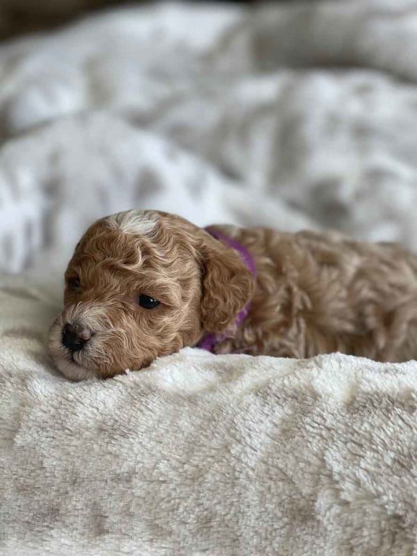 Precious Doodle Dogs, Labradoodle, doodle dog, labradoodle puppies for sale, labra, labradoodle for sale, Mini Doodle Dogs, miniature labradoodle, mini labradoodle, labradoodle puppy, how much is a labradoodle, labradoodle hypoallergenic, miniature labrador, mini labradoodle puppies for sale, labradoodle price, labradoodle shedding, labradoodle near me, miniature puppies for sale, white labradoodle, adult labradoodle, miniature labradoodle for sale, pictures of labradoodles, mini labradoodle puppies, miniature labradoodle puppies, red labradoodle, labradoodle breeders, labradoodle breeders near me, toy labradoodle, f1 labradoodle, small labradoodle, labradoodle for sale near me, golden labradoodle, miniature australian labradoodle, mini australian labradoodle, black labradoodle, labradoodle adoption, labradoodle dog, chocolate labradoodle puppies for sale, f1b labradoodle, labradoodle size, doodle puppies, mini doodle, how big do labradoodles get, brown labradoodle, chocolate labradoodle, mini labradoodle for sale, labradoodle puppies for sale near me, labradoodle cost, labradoodle temperament, labradoodle grooming, black and white labradoodle, mini australian labradoodle temperament, doodles for sale, mini doodle dog, australian labradoodle, full size labradoodle, shaved labradoodle, apricot labradoodle puppy, labradoodle austin, labradoodles austin texas, grown labradoodle, mini doodle breeds, labradoodle puppy cost, american labradoodle, labradoodle price range, f1b miniature labradoodle, labradoodles of long island, mini labradoodle near me, chocolate doodle puppies, labradoodle poodle, great doodle puppies, how big do mini labradoodles get, labradoodle names, are labradoodles smart, eden valley labradoodles, english manor labradoodles, red mini labradoodle, multigen labradoodle, labradoodle weight, labradoodle images, labradoodle cuts, miniture lab, labradoodle pics, labradoodle photos, mini golden labradoodle, miniature chocoalte lab, labradoodle personality, labradoodle facts, baby labradoodle, how much do labradoodles cost, caramel labradoodle, english labradoodle, labradoodles for sale, phantom labradoodle, labradoodle doodle, blue labradoodle, labradoodle colors, labradoodle hunting, labradoodle dog breeds, labradoodle allergies, pictures of labradoodle puppies, miniature lab for sale, lab and poodle mix, mini australian labradoodle cost, multigenerational labradoodle, lab poodle, mini doodles for sale, cute labradoodle, brown and white labradoodle, tiny goldendoodle, mini labradoodle price, f1 labradoodle puppy, brown labradoodle puppy, doodle dogs for sale, f1b mini labradoodle, medium labradoodle size, petite labradoodle, golden labradoodle puppy, black labradoodle puppies, best labradoodle breeders, mini labradoodle adoption, chocolate doodle, mini australian labradoodle, micro mini labradoodle, teacup labradoodle puppies for sale, mini labradoodle full grown, mini labradoodle size, mini australian labradoodle puppies for sale, parti labradoodle, mini chocolate labradoodle, f1 labradoodle puppies for sale, poodle labrador, mini australian doodle, labradoodle puppies for adoption, miniature labradoodle full grown, black miniature labradoodle , red labradoodle puppies, miniature chocolate labradoodle, mini labradoodles for sale near me, black labradoodle puppies for sale, micro labradoodle, chocolate australian labradoodle, apricot labradoodle, labradoodle mix, labradoodle info, australian labradoodle hypoallergenic, lab poodle mix puppy, adult mini labradoodle, family labradoodles, miniature labradoodle size, labradoodle puppies near me, cream labradoodle, chocolate labradoodle puppies, doodle puppies for sale, miniaure labradoodle for sale near me, teacup labradoodle, chocolate labradoodle for sale, chocolate mini labradoodle puppies for sale, miniature labradoodle breeders, silver labradoodle, black australian labradoodle, groodle puppies, mini labradoodle breeders, white labradoodle puppy, where to buy a labradoodle, black mini labradoodle, chocolate labradoodle puppies for sale near me, miniature labradoodle puppies for sale, labradoodle puppies price, labre doodle's, miniature labradoodle puppies, buy labradoodle, mini doodle puppies, mini labradoodle puppies for sale near me, mini labradoodle temperament, micro labradoodle puppies for sale, labradoodle information, golden labradoodle for sale, f1b labradoodle puppies for sale, toy labradoodle puppies for sale, how long do mini labradoodles live, chocolate and white labradoodle, labradoodle stud, labradoodle mini pup, what is a mini labradoodle, mini labradoodle images, mini poodle lab mix, what is a miniature labradoodle, labradoodle more lab than poodle, cute labradoodle puppies, miniature labradoodle puppies for sale, mini labrador breed, miniature labradoodle characteristics, images of miniature labradoodles, Mini Labradoodle Alabama, Mini Labradoodle Alaska, Mini Labradoodle Arizona, Mini Labradoodle Arkansas, Mini Labradoodle California, Mini Labradoodle Colorado, Mini Labradoodle Connecticut, Mini Labradoodle Delaware, Mini Labradoodle Florida, Mini Labradoodle Georgia, Mini Labradoodle Hawaii, Mini Labradoodle Idaho, Mini Labradoodle Illinois, Mini Labradoodle Indiana, Mini Labradoodle Iowa, Mini Labradoodle Kansas, Mini Labradoodle Kentucky, Mini Labradoodle Louisiana, Mini Labradoodle Maine, Mini Labradoodle Maryland, Mini Labradoodle Massachusetts, Mini Labradoodle Michigan, Mini Labradoodle Minnesota, Mini Labradoodle Mississippi, Mini Labradoodle Missouri, Mini Labradoodle Montana, Mini Labradoodle Nebraska, Mini Labradoodle Nevada, Mini Labradoodle New Hampshire, Mini Labradoodle New Jersey, Mini Labradoodle New Mexico, Mini Labradoodle New York, Mini Labradoodle North Carolina, Mini Labradoodle North Dakota, Mini Labradoodle Ohio, Mini Labradoodle Oklahoma, Mini Labradoodle Oregon, Mini Labradoodle Pennsylvania, Mini Labradoodle Rhode Island, Mini Labradoodle South Carolina, Mini Labradoodle South Dakota, Mini Labradoodle Tennessee, Mini Labradoodle Texas, Mini Labradoodle Utah, Mini Labradoodle Vermont, Mini Labradoodle Virginia, Mini Labradoodle Washington, Mini Labradoodle West Virginia, Mini Labradoodle Wisconsin, Mini Labradoodle Wyoming, Miniature Labradoodle Alabama, Miniature Labradoodle Alaska, Miniature Labradoodle Arizona, Miniature Labradoodle Arkansas, Miniature Labradoodle California, Miniature Labradoodle Colorado, Miniature Labradoodle Connecticut, Miniature Labradoodle Delaware, Miniature Labradoodle Florida, Miniature Labradoodle Georgia, Miniature Labradoodle Hawaii, Miniature Labradoodle Idaho, Miniature Labradoodle Illinois, Miniature Labradoodle Indiana, Miniature Labradoodle Iowa, Miniature Labradoodle Kansas, Miniature Labradoodle Kentucky, Miniature Labradoodle Louisiana, Miniature Labradoodle Maine, Miniature Labradoodle Maryland, Miniature Labradoodle Massachusetts, Miniature Labradoodle Michigan, Miniature Labradoodle Minnesota, Miniature Labradoodle Mississippi, Miniature Labradoodle Missouri, Miniature Labradoodle Montana, Miniature Labradoodle Nebraska, Miniature Labradoodle Nevada, Miniature Labradoodle New Hampshire, Miniature Labradoodle New Jersey, Miniature Labradoodle New Mexico, Miniature Labradoodle New York, Miniature Labradoodle North Carolina, Miniature Labradoodle North Dakota, Miniature Labradoodle Ohio, Miniature Labradoodle Oklahoma, Miniature Labradoodle Oregon, Miniature Labradoodle Pennsylvania, Miniature Labradoodle Rhode Island, Miniature Labradoodle South Carolina, Miniature Labradoodle South Dakota, Miniature Labradoodle Tennessee, Miniature Labradoodle Texas, Miniature Labradoodle Utah, Miniature Labradoodle Vermont, Miniature Labradoodle Virginia, Miniature Labradoodle Washington, Miniature Labradoodle West Virginia, Miniature Labradoodle Wisconsin, Miniature Labradoodle Wyoming, Mini Labradoodle puppies for sale Alabama, Mini Labradoodle puppies for sale Alaska, Mini Labradoodle puppies for sale Arizona, Mini Labradoodle puppies for sale Arkansas, Mini Labradoodle puppies for sale California, Mini Labradoodle puppies for sale Colorado, Mini Labradoodle puppies for sale Connecticut, Mini Labradoodle puppies for sale Delaware, Mini Labradoodle puppies for sale Florida, Mini Labradoodle puppies for sale Georgia, Mini Labradoodle puppies for sale Hawaii, Mini Labradoodle puppies for sale Idaho, Mini Labradoodle puppies for sale Illinois, Mini Labradoodle puppies for sale Indiana, Mini Labradoodle puppies for sale Iowa, Mini Labradoodle puppies for sale Kansas, Mini Labradoodle puppies for sale Kentucky, Mini Labradoodle puppies for sale Louisiana, Mini Labradoodle puppies for sale Maine, Mini Labradoodle puppies for sale Maryland, Mini Labradoodle puppies for sale Massachusetts, Mini Labradoodle puppies for sale Michigan, Mini Labradoodle puppies for sale Minnesota, Mini Labradoodle puppies for sale Mississippi, Mini Labradoodle puppies for sale Missouri, Mini Labradoodle puppies for sale Montana, Mini Labradoodle puppies for sale Nebraska, Mini Labradoodle puppies for sale Nevada, Mini Labradoodle puppies for sale New Hampshire, Mini Labradoodle puppies for sale New Jersey, Mini Labradoodle puppies for sale New Mexico, Mini Labradoodle puppies for sale New York, Mini Labradoodle puppies for sale North Carolina, Mini Labradoodle puppies for sale North Dakota, Mini Labradoodle puppies for sale Ohio, Mini Labradoodle puppies for sale Oklahoma, Mini Labradoodle puppies for sale Oregon, Mini Labradoodle puppies for sale Pennsylvania, Mini Labradoodle puppies for sale Rhode Island, Mini Labradoodle puppies for sale South Carolina, Mini Labradoodle puppies for sale South Dakota, Mini Labradoodle puppies for sale Tennessee, Mini Labradoodle puppies for sale Texas, Mini Labradoodle puppies for sale Utah, Mini Labradoodle puppies for sale Vermont, Mini Labradoodle puppies for sale Virginia, Mini Labradoodle puppies for sale Washington, Mini Labradoodle puppies for sale West Virginia, Mini Labradoodle puppies for sale Wisconsin, Mini Labradoodle puppies for sale Wyoming, Labradoodle puppies for sale Alabama, Labradoodle puppies for sale Alaska, Labradoodle puppies for sale Arizona, Labradoodle puppies for sale Arkansas, Labradoodle puppies for sale California, Labradoodle puppies for sale Colorado, Labradoodle puppies for sale Connecticut, Labradoodle puppies for sale Delaware, Labradoodle puppies for sale Florida, Labradoodle puppies for sale Georgia, Labradoodle puppies for sale Hawaii, Labradoodle puppies for sale Idaho, Labradoodle puppies for sale Illinois, Labradoodle puppies for sale Indiana, Labradoodle puppies for sale Iowa, Labradoodle puppies for sale Kansas, Labradoodle puppies for sale Kentucky, Labradoodle puppies for sale Louisiana, Labradoodle puppies for sale Maine, Labradoodle puppies for sale Maryland, Labradoodle puppies for sale Massachusetts, Labradoodle puppies for sale Michigan, Labradoodle puppies for sale Minnesota, Labradoodle puppies for sale Mississippi, Labradoodle puppies for sale Missouri, Labradoodle puppies for sale Montana, Labradoodle puppies for sale Nebraska, Labradoodle puppies for sale Nevada, Labradoodle puppies for sale New Hampshire, Labradoodle puppies for sale New Jersey, Labradoodle puppies for sale New Mexico, Labradoodle puppies for sale New York, Labradoodle puppies for sale North Carolina, Labradoodle puppies for sale North Dakota, Labradoodle puppies for sale Ohio, Labradoodle puppies for sale Oklahoma, Labradoodle puppies for sale Oregon, Labradoodle puppies for sale Pennsylvania, Labradoodle puppies for sale Rhode Island, Labradoodle puppies for sale South Carolina, Labradoodle puppies for sale South Dakota, Labradoodle puppies for sale Tennessee, Labradoodle puppies for sale Texas, Labradoodle puppies for sale Utah, Labradoodle puppies for sale Vermont, Labradoodle puppies for sale Virginia, Labradoodle puppies for sale Washington, Labradoodle puppies for sale West Virginia, Labradoodle puppies for sale Wisconsin, Labradoodle puppies for sale Wyoming, Labradoodles for sale in Alabama, Labradoodles for sale in Alaska, Labradoodles for sale in Arizona, Labradoodles for sale in Arkansas, Labradoodles for sale in California, Labradoodles for sale in Colorado, Labradoodles for sale in Connecticut, Labradoodles for sale in Delaware, Labradoodles for sale in Florida, Labradoodles for sale in Georgia, Labradoodles for sale in Hawaii, Labradoodles for sale in Idaho, Labradoodles for sale in Illinois, Labradoodles for sale in Indiana, Labradoodles for sale in Iowa, Labradoodles for sale in Kansas, Labradoodles for sale in Kentucky, Labradoodles for sale in Louisiana, Labradoodles for sale in Maine, Labradoodles for sale in Maryland, Labradoodles for sale in Massachusetts, Labradoodles for sale in Michigan, Labradoodles for sale in Minnesota, Labradoodles for sale in Mississippi, Labradoodles for sale in Missouri, Labradoodles for sale in Montana, Labradoodles for sale in Nebraska, Labradoodles for sale in Nevada, Labradoodles for sale in New Hampshire, Labradoodles for sale in New Jersey, Labradoodles for sale in New Mexico, Labradoodles for sale in New York, Labradoodles for sale in North Carolina, Labradoodles for sale in North Dakota, Labradoodles for sale in Ohio, Labradoodles for sale in Oklahoma, Labradoodles for sale in Oregon, Labradoodles for sale in Pennsylvania, Labradoodles for sale in Rhode Island, Labradoodles for sale in South Carolina, Labradoodles for sale in South Dakota, Labradoodles for sale in Tennessee, Labradoodles for sale in Texas, Labradoodles for sale in Utah, Labradoodles for sale in Vermont, Labradoodles for sale in Virginia, Labradoodles for sale in Washington, Labradoodles for sale in West Virginia, Labradoodles for sale in Wisconsin, Labradoodles for sale in Wyoming, Labradoodle Alabama, Labradoodle Alaska, Labradoodle Arizona, Labradoodle Arkansas, Labradoodle California, Labradoodle Colorado, Labradoodle Connecticut, Labradoodle Delaware, Labradoodle Florida, Labradoodle Georgia, Labradoodle Hawaii, Labradoodle Idaho, Labradoodle Illinois, Labradoodle Indiana, Labradoodle Iowa, Labradoodle Kansas, Labradoodle Kentucky, Labradoodle Louisiana, Labradoodle Maine, Labradoodle Maryland, Labradoodle Massachusetts, Labradoodle Michigan, Labradoodle Minnesota, Labradoodle Mississippi, Labradoodle Missouri, Labradoodle Montana, Labradoodle Nebraska, Labradoodle Nevada, Labradoodle New Hampshire, Labradoodle New Jersey, Labradoodle New Mexico, Labradoodle New York, Labradoodle North Carolina, Labradoodle North Dakota, Labradoodle Ohio, Labradoodle Oklahoma, Labradoodle Oregon, Labradoodle Pennsylvania, Labradoodle Rhode Island, Labradoodle South Carolina, Labradoodle South Dakota, Labradoodle Tennessee, Labradoodle Texas, Labradoodle Utah, Labradoodle Vermont, Labradoodle Virginia, Labradoodle Washington, Labradoodle West Virginia, Labradoodle Wisconsin, Labradoodle Wyoming, Labradoodle breeders Alabama, Labradoodle breeders Alaska, Labradoodle breeders Arizona, Labradoodle breeders Arkansas, Labradoodle breeders California, Labradoodle breeders Colorado, Labradoodle breeders Connecticut, Labradoodle breeders Delaware, Labradoodle breeders Florida, Labradoodle breeders Georgia, Labradoodle breeders Hawaii, Labradoodle breeders Idaho, Labradoodle breeders Illinois, Labradoodle breeders Indiana, Labradoodle breeders Iowa, Labradoodle breeders Kansas, Labradoodle breeders Kentucky, Labradoodle breeders Louisiana, Labradoodle breeders Maine, Labradoodle breeders Maryland, Labradoodle breeders Massachusetts, Labradoodle breeders Michigan, Labradoodle breeders Minnesota, Labradoodle breeders Mississippi, Labradoodle breeders Missouri, Labradoodle breeders Montana, Labradoodle breeders Nebraska, Labradoodle breeders Nevada, Labradoodle breeders New Hampshire, Labradoodle breeders New Jersey, Labradoodle breeders New Mexico, Labradoodle breeders New York, Labradoodle breeders North Carolina, Labradoodle breeders North Dakota, Labradoodle breeders Ohio, Labradoodle breeders Oklahoma, Labradoodle breeders Oregon, Labradoodle breeders Pennsylvania, Labradoodle breeders Rhode Island, Labradoodle breeders South Carolina, Labradoodle breeders South Dakota, Labradoodle breeders Tennessee, Labradoodle breeders Texas, Labradoodle breeders Utah, Labradoodle breeders Vermont, Labradoodle breeders Virginia, Labradoodle breeders Washington, Labradoodle breeders West Virginia, Labradoodle breeders Wisconsin, Labradoodle breeders Wyoming, Labradoodle puppies Alabama, Labradoodle puppies Alaska, Labradoodle puppies Arizona, Labradoodle puppies Arkansas, Labradoodle puppies California, Labradoodle puppies Colorado, Labradoodle puppies Connecticut, Labradoodle puppies Delaware, Labradoodle puppies Florida, Labradoodle puppies Georgia, Labradoodle puppies Hawaii, Labradoodle puppies Idaho, Labradoodle puppies Illinois, Labradoodle puppies Indiana, Labradoodle puppies Iowa, Labradoodle puppies Kansas, Labradoodle puppies Kentucky, Labradoodle puppies Louisiana, Labradoodle puppies Maine, Labradoodle puppies Maryland, Labradoodle puppies Massachusetts, Labradoodle puppies Michigan, Labradoodle puppies Minnesota, Labradoodle puppies Mississippi, Labradoodle puppies Missouri, Labradoodle puppies Montana, Labradoodle puppies Nebraska, Labradoodle puppies Nevada, Labradoodle puppies New Hampshire, Labradoodle puppies New Jersey, Labradoodle puppies New Mexico, Labradoodle puppies New York, Labradoodle puppies North Carolina, Labradoodle puppies North Dakota, Labradoodle puppies Ohio, Labradoodle puppies Oklahoma, Labradoodle puppies Oregon, Labradoodle puppies Pennsylvania, Labradoodle puppies Rhode Island, Labradoodle puppies South Carolina, Labradoodle puppies South Dakota, Labradoodle puppies Tennessee, Labradoodle puppies Texas, Labradoodle puppies Utah, Labradoodle puppies Vermont, Labradoodle puppies Virginia, Labradoodle puppies Washington, Labradoodle puppies West Virginia, Labradoodle puppies Wisconsin, Labradoodle puppies Wyoming, Toy Labradoodle Alabama, Toy Labradoodle Alaska, Toy Labradoodle Arizona, Toy Labradoodle Arkansas, Toy Labradoodle California, Toy Labradoodle Colorado, Toy Labradoodle Connecticut, Toy Labradoodle Delaware, Toy Labradoodle Florida, Toy Labradoodle Georgia, Toy Labradoodle Hawaii, Toy Labradoodle Idaho, Toy Labradoodle Illinois, Toy Labradoodle Indiana, Toy Labradoodle Iowa, Toy Labradoodle Kansas, Toy Labradoodle Kentucky, Toy Labradoodle Louisiana, Toy Labradoodle Maine, Toy Labradoodle Maryland, Toy Labradoodle Massachusetts, Toy Labradoodle Michigan, Toy Labradoodle Minnesota, Toy Labradoodle Mississippi, Toy Labradoodle Missouri, Toy Labradoodle Montana, Toy Labradoodle Nebraska, Toy Labradoodle Nevada, Toy Labradoodle New Hampshire, Toy Labradoodle New Jersey, Toy Labradoodle New Mexico, Toy Labradoodle New York, Toy Labradoodle North Carolina, Toy Labradoodle North Dakota, Toy Labradoodle Ohio, Toy Labradoodle Oklahoma, Toy Labradoodle Oregon, Toy Labradoodle Pennsylvania, Toy Labradoodle Rhode Island, Toy Labradoodle South Carolina, Toy Labradoodle South Dakota, Toy Labradoodle Tennessee, Toy Labradoodle Texas, Toy Labradoodle Utah, Toy Labradoodle Vermont, Toy Labradoodle Virginia, Toy Labradoodle Washington, Toy Labradoodle West Virginia, Toy Labradoodle Wisconsin, Toy Labradoodle Wyoming, Teacup Labradoodle Alabama, Teacup Labradoodle Alaska, Teacup Labradoodle Arizona, Teacup Labradoodle Arkansas, Teacup Labradoodle California, Teacup Labradoodle Colorado, Teacup Labradoodle Connecticut, Teacup Labradoodle Delaware, Teacup Labradoodle Florida, Teacup Labradoodle Georgia, Teacup Labradoodle Hawaii, Teacup Labradoodle Idaho, Teacup Labradoodle Illinois, Teacup Labradoodle Indiana, Teacup Labradoodle Iowa, Teacup Labradoodle Kansas, Teacup Labradoodle Kentucky, Teacup Labradoodle Louisiana, Teacup Labradoodle Maine, Teacup Labradoodle Maryland, Teacup Labradoodle Massachusetts, Teacup Labradoodle Michigan, Teacup Labradoodle Minnesota, Teacup Labradoodle Mississippi, Teacup Labradoodle Missouri, Teacup Labradoodle Montana, Teacup Labradoodle Nebraska, Teacup Labradoodle Nevada, Teacup Labradoodle New Hampshire, Teacup Labradoodle New Jersey, Teacup Labradoodle New Mexico, Teacup Labradoodle New York, Teacup Labradoodle North Carolina, Teacup Labradoodle North Dakota, Teacup Labradoodle Ohio, Teacup Labradoodle Oklahoma, Teacup Labradoodle Oregon, Teacup Labradoodle Pennsylvania, Teacup Labradoodle Rhode Island, Teacup Labradoodle South Carolina, Teacup Labradoodle South Dakota, Teacup Labradoodle Tennessee, Teacup Labradoodle Texas, Teacup Labradoodle Utah, Teacup Labradoodle Vermont, Teacup Labradoodle Virginia, Teacup Labradoodle Washington, Teacup Labradoodle West Virginia, Teacup Labradoodle Wisconsin, Teacup Labradoodle Wyoming