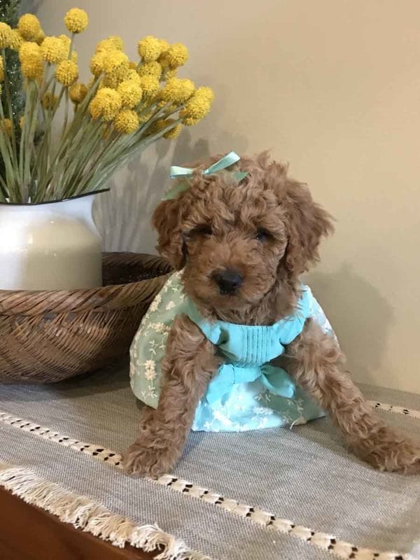 Precious Doodle Dogs, Mini Doodle Dogs, Medium Goldendoodle, Standard Goldendoodle, Mini Medium Goldendoodle, Medium Golden doodle, goldendoodle, golden doodle, goldendoodles for sale, goldendoodle puppies for sale, mini goldendoodle, f1b goldendoodle, mini goldendoodle for sale, goldendoodle for sale, goldendoodle puppies, miniature goldendoodle, goldendoodle cost, red goldendoodle, petite goldendoodle, f2b goldendoodle, goldendoodles near me, smeraglia goldendoodles, how big do goldendoodles get, how big does a goldendoodle get, medium sized goldendoodle, standard goldendoodle, large goldendoodle puppies for sale, goldendoodle puppies, standard goldendoodle size, f1 standard goldendoodle, standard goldendoodle, standard goldendoodles for sale near me, standard goldendoodle breeders, f1 standard goldendoodle, small standard goldendoodle, f1 medium goldendoodle, standard goldendoodle puppies for sale, standard goldendoodles for sale, f1b standard goldendoodle, large goldendoodle puppies for sale near me, small standard goldendoodle for sale, small standard golden doodle, miniature goldendoodle for sale, mini golden doodle for sale near me, mini goldendoodle for sale near me, moss creek goldendoodles, f1 mini goldendoodle, red goldendoodle, goldendoodle breeders, parti goldendoodle, golden doodle cream, mini goldendoodles near me, f1b mini golden doodle, golden noodle dog, goldennoodle, goldendoodles for sale near me, f1 goldendoodle, english golden doodle dog, golden doodle dog, miniature goldendoodle puppies, english cream goldendoodle, f2b goldendoodle, apricot goldendoodle, white goldendoodle, golden doodles for sale, micro goldendoodle, goldendoodle puppies for sale near me, baby goldendoodle, goldendoodle adoption, standard goldendoodle, golden mountain doodle, f1bb goldendoodle, mini goldendoodle puppies for sale, red golden doodle, mini golden doodle puppies for sale near me, goldendoodle cost, goldendoodles near me, mini goldendoodle puppies, petite goldendoodle, small goldendoodle, types of goldendoodles, goldendoodle puppies near me, mini goldendoodle breeders, golden retriever doodle, ginger goldendoodle, parti golden doodles for sale, blonde goldendoodle, blonde golden doodle puppies, red goldendoodle for sale, multigenerational goldendoodle, mini doodles near me, trained goldendoodles for sale, tiny goldendoodle, parti goldendoodle puppies, craigslist goldendoodle, f1 mini goldendoodle for sale, english golden dodole puppies, cute goldendoodle, mini goldendoodle dog, mini double doodle, f1b petite goldendoodle puppies for sale, miniature goldendoodle rescue, english goldendoodle puppies for sale, f1b miniature goldendoodle, golden double doodle, medium golden doodle puppies for sale, medium goldendoodle puppies for sale, hoobly goldendoodle, multigen mini goldendoodle, goldendoodle funny, goldendoodle hypoallergenic for sale, hypoallergenic dogs, goldendoodle hypoallergenic, hypoallergenic dogs goldendoodle, mini doodle, mini doodle dog, goldendoodle breeders near me, f1b mini goldendoodle, goldendoodles for sale near me, f1 goldendoodle, apricot goldendoodle, goldendoodle puppies for sale near me, goldendoodle puppies for adoption, double doodle puppies, moss creek goldendoodles, golden doodle dog, mini goldendoodle puppies for sale, golden mountain doodle, brown goldendoodle, goldendoodle grooming, mini golden doodles, goldendoodle shedding, f2b goldendoodle, goldendoodle hypoallergenic, goldendoodle names, english cream goldendoodle, golden retriever and poodle mix, mini goldendoodle puppies, micro goldendoodle, mini goldendoodle puppies for sale, miniature goldendoodle for sale, goldendoodle puppies for adoption, teddy bear goldendoodle, mini goldendoodle rescue, medium goldendoodle, black goldendoodle, mini goldendoodle for sale near me, goldendoodle puppies for sale near me, mini doodle, doodle puppies, mini goldendoodle for sale, goldendoodle breeders near me, miniature goldendoodle for sale near me, toy goldendoodle, petite goldendoodle, golden doodle dog, miniature goldendoodle puppies, mini goldendoodle puppies for sale near me, goldendoodles for sale near me, mini goldedoodle breeders, goldendoodle adoption, f1b mini goldendoodle, small goldendoodle, teacup goldendoodle, goldendoodle puppies near me, goldendoodle breeders, how to groom a goldendoodle, great doodle puppies, golden doodle mix, goldendoodle tampa, goldendoodle facts, white doodle dog, white goldendoodle puppy, mini goldendoodle maryland, country mini doodles, goldendoodle los angeles, toy labradoodle puppies for sale, types of goldendoodles, mini golden retriever puppies, golden goldendoodle, mini golden retriever puppies for sale, miniature australian goldendoodle, goldendoodle sacramento, goldendoodle omaha, labradoodle goldendoodle, f1 medium goldendoodle, BEST goldendoodles, pictures of mini goldendoodles, teacup goldendoodle full grown, micro mini goldendoodle full grown, toy goldendoodle price, goldendoodle chicago, retriever doodle, teacup goldendoodle puppies for sale, cute goldendoodle, mini teddy bear puppies, miniature goldendoodle full grown, f2 mini goldendoodle, goldendoodle spokane, mini goldendoodle chicago, micro mini goldendoodle, how big do miniature goldendoodles get, brown mini goldendoodle, mini doodle breeds, poodle doodle dog, what is a mini goldendoodle, black mini goldendoodle, mini irish doodle puppies for sale, f1b goldendoodle size, toy golden doodles, chocolate brown goldendoodle puppies for sale, petite goldendoodle full grown, goldendoodle behavior, american goldendoodle, f1b medium goldendoodle, goldendoodle puppy cost, cute goldendoodle puppies, goldendoodle indianapolis, teddy goldendoodle, mini goldendoodle weight, teddy bear golden doodles, f1b goldendoodle puppies for sale, miniature goldendoodle size, chocolate goldendoodle puppy, english cream mini goldendoodle, doodle puppies near me, red miniature goldendoodle, cream goldendoodle, goldendoodle puppy cut, mini goldendoodle hypoallergenic, dog breed goldendoodle, goldendoodle poodle mixes, goldendoodle allergies, goldendoodle info, sandy ridge goldendoodles, lakeshore goldendoodles, toy goldendoodle puppies for sale, labradoodle and goldendoodle, goldendoodle las vegas, goldendoodle phoenix, doodle breeders near me, miniature goldendoodle weight, black and white goldendoodle, sarasota goldendoodles, mini goldendoodle dallas, a goldendoodle, what is a goldendoodle, goldendoodle dallas, mini golden doodles for sale, ginger doodle puppy, how much does a mini goldendoodle cost, goldendoodle san antonio, goldendoodle photos, goldendoodle cuts, chocolate mini goldendoodle, all about goldendoodles, goldendoodle cincinnati, black doodle dog, goldendoodle weight, miniature goldendoodle breeders, goldendoodle information, miniature goldendoodle puppies for sale, doodle puppies for sale near me, black labradoodle puppies for sale, goldendoodle seattle, golden doodles near me, teacup goldendoodle for sale, golden retriever poodle puppy, goldendoodle rochester ny, goldendoodle and poodle mix, akc goldendoodle, goldendoodle kansas city, mini goldendoodle facts, goldendoodle austin, goldendoodle doodle, goldendoodle tulsa, curly goldendoodle, brown goldendoodle puppies, f1b labradoodle puppies for sale, red mini goldendoodle, goldendoodle poodle, chocolate goldendoodle for sale, tiny goldendoodle, goldendoodle puppies breeders, english goldendoodle puppies for sale, mini golden labradoodle, f1b mini teddy bear goldendoodles, red goldendoodle puppies for sale, miniature golden retriever breeders, f1 goldendoodles for sale, teacup goldendoodle puppies, toy mini goldendoodle, xs petite goldendoodle, f2 goldendoodle puppies for sale, mini goldendoodle cost, black goldendoodle for sale, english teddy bear goldendoodle, small doodle dogs, goldendoodle nashville, english goldendoodle puppies, golden retriever poodle mix for sale, red goldendoodle puppy, parti goldendoodles for sale, english cream goldendoodles for sale, doodle puppies for sale, golden retriever poodle mix puppies, goldendoodle tucson, f1b mini goldendoodle puppies for sale, mini goldendoodle breeders northeast, teddy bear goldendoodle, toy goldendoodle rescue, petite mini goldendoodle, goldendoodle stuff, mini goldendoodles near me, teddy bear goldendoodle puppies, f1 goldendoodle puppies, teddy bear goldendoodles for sale, silver goldendoodle, buy goldendoodle, mini golden doodle dog, teddy bear goldendoodles mini, micro mini goldendoodle puppies for sale, goldendoodle dogs for sale, best goldendoodle breeders, chocolate goldendoodle puppies for sale, doodle dogs for sale, toy goldendoodle puppies, mini doodle dog, toy goldendoodle breeders, doodles for sale, goldendoodle hypoallergenic dog, mini goldendoodle breeders near me, english goldendoodle breeders, f1b mini goldendoodle for sale, teacup goldendoodle price, petite goldendoodle for sale, mini english goldendoodle, mini goldendoodle info, miniature goldendoodle puppies for sale near me, black goldendoodle puppies for sale, f1 goldendoodle puppies for sale, large goldendoodle, extra large goldendoodle, goldendoodle big dog, largest goldendoodle, large goldendoodle weight, large goldendoodle for sale, large goldendoodle puppies, medium goldendoodle, medium goldendoodle for sale, medium goldendoodle breeders, f1b medium goldendoodle, medium goldendoodle puppies for sale near me, f1 medium goldendoodle, medium size goldendoodle, medium goldendoodle puppies for sale, Goldendoodle puppies AL, Goldendoodle puppies AK, Goldendoodle puppies AZ, Goldendoodle puppies AR, Goldendoodle puppies CA, Goldendoodle puppies CO, Goldendoodle puppies CT, Goldendoodle puppies DE, Goldendoodle puppies FL, Goldendoodle puppies GA, Goldendoodle puppies HI, Goldendoodle puppies ID, Goldendoodle puppies IL, Goldendoodle puppies IN, Goldendoodle puppies IA, Goldendoodle puppies KS, Goldendoodle puppies KY, Goldendoodle puppies LA, Goldendoodle puppies ME, Goldendoodle puppies MD, Goldendoodle puppies MA, Goldendoodle puppies MI, Goldendoodle puppies MN, Goldendoodle puppies MS, Goldendoodle puppies MO, Goldendoodle puppies MT, Goldendoodle puppies NE, Goldendoodle puppies NV, Goldendoodle puppies NH, Goldendoodle puppies NJ, Goldendoodle puppies NM, Goldendoodle puppies NY, Goldendoodle puppies NC, Goldendoodle puppies ND, Goldendoodle puppies OH, Goldendoodle puppies OK, Goldendoodle puppies OR, Goldendoodle puppies PA, Goldendoodle puppies RI, Goldendoodle puppies SC, Goldendoodle puppies SD, Goldendoodle puppies TN, Goldendoodle puppies TX, Goldendoodle puppies UT, Goldendoodle puppies VT, Goldendoodle puppies VA, Goldendoodle puppies WA, Goldendoodle puppies WV, Goldendoodle puppies WI, Goldendoodle puppies WY, Goldendoodle Alabama, Goldendoodle Alaska, Goldendoodle Arizona, Goldendoodle Arkansas, Goldendoodle California, Goldendoodle Colorado, Goldendoodle Connecticut, Goldendoodle Delaware, Goldendoodle Florida, Goldendoodle Georgia, Goldendoodle Hawaii, Goldendoodle Idaho, Goldendoodle Illinois, Goldendoodle Indiana, Goldendoodle Iowa, Goldendoodle Kansas, Goldendoodle Kentucky, Goldendoodle Louisiana, Goldendoodle Maine, Goldendoodle Maryland, Goldendoodle Massachusetts, Goldendoodle Michigan, Goldendoodle Minnesota, Goldendoodle Mississippi, Goldendoodle Missouri, Goldendoodle Montana, Goldendoodle Nebraska, Goldendoodle Nevada, Goldendoodle New Hampshire, Goldendoodle New Jersey, Goldendoodle New Mexico, Goldendoodle New York, Goldendoodle North Carolina, Goldendoodle North Dakota, Goldendoodle Ohio, Goldendoodle Oklahoma, Goldendoodle Oregon, Goldendoodle Pennsylvania, Goldendoodle Rhode Island, Goldendoodle South Carolina, Goldendoodle South Dakota, Goldendoodle Tennessee, Goldendoodle Texas, Goldendoodle Utah, Goldendoodle Vermont, Goldendoodle Virginia, Goldendoodle Washington, Goldendoodle West Virginia, Goldendoodle Wisconsin, Goldendoodle Wyoming, f1b medium goldendoodle size, medium goldendoodles near me, medium apricot goldendoodle, mid size goldendoodle, big goldendoodle, huge goldendoodle, big goldendoodle for sale, large doodle dog, big oak ranch goldendoodles, big bear doodles and poos, goldendoodle big size, goldendoodle big dog, goldendoodle large breed, medium brown goldendoodle, f2 medium goldendoodle, mini medium goldendoodle, medium f1 goldendoodle for sale, medium goldendoodle puppies, medium f1b goldendoodle for sale, medium goldendoodles for sale near me, f1 medium goldendoodle puppies for sale, goldendoodle medium size for sale, 45 pound goldendoodle, medium doodle, medium red goldendoodle, medium sized goldendoodle puppies for sale, f1 medium english cream goldendoodle, size of medium goldendoodle, medium goldendoodle price, medium goldendoodle breeders near me, f1b medium goldendoodle breeders near me, f1b medium goldendoodle puppies for sale, medium teddy bear goldendoodle, f2b medium goldendoodle, medium double doodle, medium goldendoodle f1b, medium enlish goldendoodle, 45 lb goldendoodle, medium doodles, Miniature goldendoodles for sale in AL, Miniature goldendoodles for sale in AK, Miniature goldendoodles for sale in AZ, Miniature goldendoodles for sale in AR, Miniature goldendoodles for sale in CA, Miniature goldendoodles for sale in CO, Miniature goldendoodles for sale in CT, Miniature goldendoodles for sale in DE, Miniature goldendoodles for sale in FL, Miniature goldendoodles for sale in GA, Miniature goldendoodles for sale in HI, Miniature goldendoodles for sale in ID, Miniature goldendoodles for sale in IL, Miniature goldendoodles for sale in IN, Miniature goldendoodles for sale in IA, Miniature goldendoodles for sale in KS, Miniature goldendoodles for sale in KY, Miniature goldendoodles for sale in LA, Miniature goldendoodles for sale in ME, Miniature goldendoodles for sale in MD, Miniature goldendoodles for sale in MA, Miniature goldendoodles for sale in MI, Miniature goldendoodles for sale in MN, Miniature goldendoodles for sale in MS, Miniature goldendoodles for sale in MO, Miniature goldendoodles for sale in MT, Miniature goldendoodles for sale in NE, Miniature goldendoodles for sale in NV, Miniature goldendoodles for sale in NH, Miniature goldendoodles for sale in NJ, Miniature goldendoodles for sale in NM, Miniature goldendoodles for sale in NY, Miniature goldendoodles for sale in NC, Miniature goldendoodles for sale in ND, Miniature goldendoodles for sale in OH, Miniature goldendoodles for sale in OK, Miniature goldendoodles for sale in OR, Miniature goldendoodles for sale in PA, Miniature goldendoodles for sale in RI, Miniature goldendoodles for sale in SC, Miniature goldendoodles for sale in SD, Miniature goldendoodles for sale in TN, Miniature goldendoodles for sale in TX, Miniature goldendoodles for sale in UT, Miniature goldendoodles for sale in VT, Miniature goldendoodles for sale in VA, Miniature goldendoodles for sale in WA, Miniature goldendoodles for sale in WV, Miniature goldendoodles for sale in WI, Miniature goldendoodles for sale in WY, Mini Goldendoodle Alabama, Mini Goldendoodle Alaska, Mini Goldendoodle Arizona, Mini Goldendoodle Arkansas, Mini Goldendoodle California, Mini Goldendoodle Colorado, Mini Goldendoodle Connecticut, Mini Goldendoodle Delaware, Mini Goldendoodle Florida, Mini Goldendoodle Georgia, Mini Goldendoodle Hawaii, Mini Goldendoodle Idaho, Mini Goldendoodle Illinois, Mini Goldendoodle Indiana, Mini Goldendoodle Iowa, Mini Goldendoodle Kansas, Mini Goldendoodle Kentucky, Mini Goldendoodle Louisiana, Mini Goldendoodle Maine, Mini Goldendoodle Maryland, Mini Goldendoodle Massachusetts, Mini Goldendoodle Michigan, Mini Goldendoodle Minnesota, Mini Goldendoodle Mississippi, Mini Goldendoodle Missouri, Mini Goldendoodle Montana, Mini Goldendoodle Nebraska, Mini Goldendoodle Nevada, Mini Goldendoodle New Hampshire, Mini Goldendoodle New Jersey, Mini Goldendoodle New Mexico, Mini Goldendoodle New York, Mini Goldendoodle North Carolina, Mini Goldendoodle North Dakota, Mini Goldendoodle Ohio, Mini Goldendoodle Oklahoma, Mini Goldendoodle Oregon, Mini Goldendoodle Pennsylvania, Mini Goldendoodle Rhode Island, Mini Goldendoodle South Carolina, Mini Goldendoodle South Dakota, Mini Goldendoodle Tennessee, Mini Goldendoodle Texas, Mini Goldendoodle Utah, Mini Goldendoodle Vermont, Mini Goldendoodle Virginia, Mini Goldendoodle Washington, Mini Goldendoodle West Virginia, Mini Goldendoodle Wisconsin, Mini Goldendoodle Wyoming,