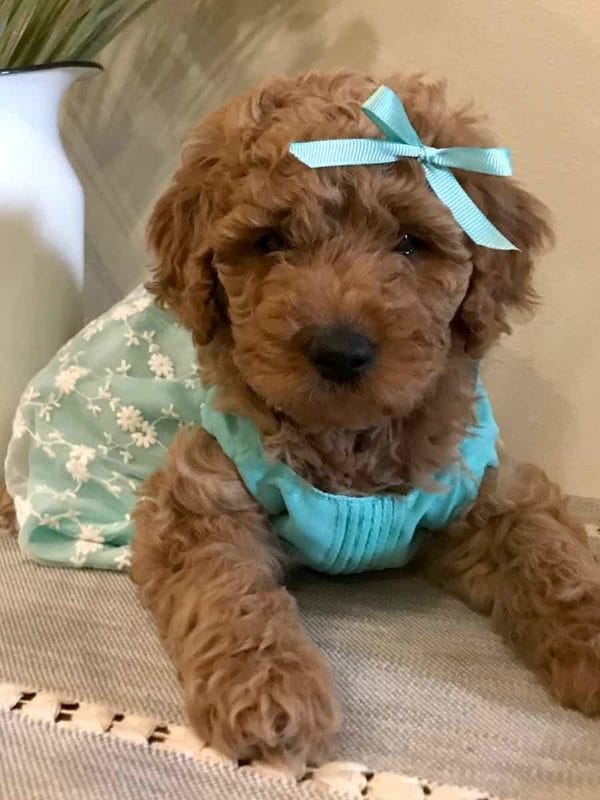 Precious Doodle Dogs, Mini Doodle Dogs, Medium Goldendoodle, Standard Goldendoodle, Mini Medium Goldendoodle, Medium Golden doodle, goldendoodle, golden doodle, goldendoodles for sale, goldendoodle puppies for sale, mini goldendoodle, f1b goldendoodle, mini goldendoodle for sale, goldendoodle for sale, goldendoodle puppies, miniature goldendoodle, goldendoodle cost, red goldendoodle, petite goldendoodle, f2b goldendoodle, goldendoodles near me, smeraglia goldendoodles, how big do goldendoodles get, how big does a goldendoodle get, medium sized goldendoodle, standard goldendoodle, large goldendoodle puppies for sale, goldendoodle puppies, standard goldendoodle size, f1 standard goldendoodle, standard goldendoodle, standard goldendoodles for sale near me, standard goldendoodle breeders, f1 standard goldendoodle, small standard goldendoodle, f1 medium goldendoodle, standard goldendoodle puppies for sale, standard goldendoodles for sale, f1b standard goldendoodle, large goldendoodle puppies for sale near me, small standard goldendoodle for sale, small standard golden doodle, miniature goldendoodle for sale, mini golden doodle for sale near me, mini goldendoodle for sale near me, moss creek goldendoodles, f1 mini goldendoodle, red goldendoodle, goldendoodle breeders, parti goldendoodle, golden doodle cream, mini goldendoodles near me, f1b mini golden doodle, golden noodle dog, goldennoodle, goldendoodles for sale near me, f1 goldendoodle, english golden doodle dog, golden doodle dog, miniature goldendoodle puppies, english cream goldendoodle, f2b goldendoodle, apricot goldendoodle, white goldendoodle, golden doodles for sale, micro goldendoodle, goldendoodle puppies for sale near me, baby goldendoodle, goldendoodle adoption, standard goldendoodle, golden mountain doodle, f1bb goldendoodle, mini goldendoodle puppies for sale, red golden doodle, mini golden doodle puppies for sale near me, goldendoodle cost, goldendoodles near me, mini goldendoodle puppies, petite goldendoodle, small goldendoodle, types of goldendoodles, goldendoodle puppies near me, mini goldendoodle breeders, golden retriever doodle, ginger goldendoodle, parti golden doodles for sale, blonde goldendoodle, blonde golden doodle puppies, red goldendoodle for sale, multigenerational goldendoodle, mini doodles near me, trained goldendoodles for sale, tiny goldendoodle, parti goldendoodle puppies, craigslist goldendoodle, f1 mini goldendoodle for sale, english golden dodole puppies, cute goldendoodle, mini goldendoodle dog, mini double doodle, f1b petite goldendoodle puppies for sale, miniature goldendoodle rescue, english goldendoodle puppies for sale, f1b miniature goldendoodle, golden double doodle, medium golden doodle puppies for sale, medium goldendoodle puppies for sale, hoobly goldendoodle, multigen mini goldendoodle, goldendoodle funny, goldendoodle hypoallergenic for sale, hypoallergenic dogs, goldendoodle hypoallergenic, hypoallergenic dogs goldendoodle, mini doodle, mini doodle dog, goldendoodle breeders near me, f1b mini goldendoodle, goldendoodles for sale near me, f1 goldendoodle, apricot goldendoodle, goldendoodle puppies for sale near me, goldendoodle puppies for adoption, double doodle puppies, moss creek goldendoodles, golden doodle dog, mini goldendoodle puppies for sale, golden mountain doodle, brown goldendoodle, goldendoodle grooming, mini golden doodles, goldendoodle shedding, f2b goldendoodle, goldendoodle hypoallergenic, goldendoodle names, english cream goldendoodle, golden retriever and poodle mix, mini goldendoodle puppies, micro goldendoodle, mini goldendoodle puppies for sale, miniature goldendoodle for sale, goldendoodle puppies for adoption, teddy bear goldendoodle, mini goldendoodle rescue, medium goldendoodle, black goldendoodle, mini goldendoodle for sale near me, goldendoodle puppies for sale near me, mini doodle, doodle puppies, mini goldendoodle for sale, goldendoodle breeders near me, miniature goldendoodle for sale near me, toy goldendoodle, petite goldendoodle, golden doodle dog, miniature goldendoodle puppies, mini goldendoodle puppies for sale near me, goldendoodles for sale near me, mini goldedoodle breeders, goldendoodle adoption, f1b mini goldendoodle, small goldendoodle, teacup goldendoodle, goldendoodle puppies near me, goldendoodle breeders, how to groom a goldendoodle, great doodle puppies, golden doodle mix, goldendoodle tampa, goldendoodle facts, white doodle dog, white goldendoodle puppy, mini goldendoodle maryland, country mini doodles, goldendoodle los angeles, toy labradoodle puppies for sale, types of goldendoodles, mini golden retriever puppies, golden goldendoodle, mini golden retriever puppies for sale, miniature australian goldendoodle, goldendoodle sacramento, goldendoodle omaha, labradoodle goldendoodle, f1 medium goldendoodle, BEST goldendoodles, pictures of mini goldendoodles, teacup goldendoodle full grown, micro mini goldendoodle full grown, toy goldendoodle price, goldendoodle chicago, retriever doodle, teacup goldendoodle puppies for sale, cute goldendoodle, mini teddy bear puppies, miniature goldendoodle full grown, f2 mini goldendoodle, goldendoodle spokane, mini goldendoodle chicago, micro mini goldendoodle, how big do miniature goldendoodles get, brown mini goldendoodle, mini doodle breeds, poodle doodle dog, what is a mini goldendoodle, black mini goldendoodle, mini irish doodle puppies for sale, f1b goldendoodle size, toy golden doodles, chocolate brown goldendoodle puppies for sale, petite goldendoodle full grown, goldendoodle behavior, american goldendoodle, f1b medium goldendoodle, goldendoodle puppy cost, cute goldendoodle puppies, goldendoodle indianapolis, teddy goldendoodle, mini goldendoodle weight, teddy bear golden doodles, f1b goldendoodle puppies for sale, miniature goldendoodle size, chocolate goldendoodle puppy, english cream mini goldendoodle, doodle puppies near me, red miniature goldendoodle, cream goldendoodle, goldendoodle puppy cut, mini goldendoodle hypoallergenic, dog breed goldendoodle, goldendoodle poodle mixes, goldendoodle allergies, goldendoodle info, sandy ridge goldendoodles, lakeshore goldendoodles, toy goldendoodle puppies for sale, labradoodle and goldendoodle, goldendoodle las vegas, goldendoodle phoenix, doodle breeders near me, miniature goldendoodle weight, black and white goldendoodle, sarasota goldendoodles, mini goldendoodle dallas, a goldendoodle, what is a goldendoodle, goldendoodle dallas, mini golden doodles for sale, ginger doodle puppy, how much does a mini goldendoodle cost, goldendoodle san antonio, goldendoodle photos, goldendoodle cuts, chocolate mini goldendoodle, all about goldendoodles, goldendoodle cincinnati, black doodle dog, goldendoodle weight, miniature goldendoodle breeders, goldendoodle information, miniature goldendoodle puppies for sale, doodle puppies for sale near me, black labradoodle puppies for sale, goldendoodle seattle, golden doodles near me, teacup goldendoodle for sale, golden retriever poodle puppy, goldendoodle rochester ny, goldendoodle and poodle mix, akc goldendoodle, goldendoodle kansas city, mini goldendoodle facts, goldendoodle austin, goldendoodle doodle, goldendoodle tulsa, curly goldendoodle, brown goldendoodle puppies, f1b labradoodle puppies for sale, red mini goldendoodle, goldendoodle poodle, chocolate goldendoodle for sale, tiny goldendoodle, goldendoodle puppies breeders, english goldendoodle puppies for sale, mini golden labradoodle, f1b mini teddy bear goldendoodles, red goldendoodle puppies for sale, miniature golden retriever breeders, f1 goldendoodles for sale, teacup goldendoodle puppies, toy mini goldendoodle, xs petite goldendoodle, f2 goldendoodle puppies for sale, mini goldendoodle cost, black goldendoodle for sale, english teddy bear goldendoodle, small doodle dogs, goldendoodle nashville, english goldendoodle puppies, golden retriever poodle mix for sale, red goldendoodle puppy, parti goldendoodles for sale, english cream goldendoodles for sale, doodle puppies for sale, golden retriever poodle mix puppies, goldendoodle tucson, f1b mini goldendoodle puppies for sale, mini goldendoodle breeders northeast, teddy bear goldendoodle, toy goldendoodle rescue, petite mini goldendoodle, goldendoodle stuff, mini goldendoodles near me, teddy bear goldendoodle puppies, f1 goldendoodle puppies, teddy bear goldendoodles for sale, silver goldendoodle, buy goldendoodle, mini golden doodle dog, teddy bear goldendoodles mini, micro mini goldendoodle puppies for sale, goldendoodle dogs for sale, best goldendoodle breeders, chocolate goldendoodle puppies for sale, doodle dogs for sale, toy goldendoodle puppies, mini doodle dog, toy goldendoodle breeders, doodles for sale, goldendoodle hypoallergenic dog, mini goldendoodle breeders near me, english goldendoodle breeders, f1b mini goldendoodle for sale, teacup goldendoodle price, petite goldendoodle for sale, mini english goldendoodle, mini goldendoodle info, miniature goldendoodle puppies for sale near me, black goldendoodle puppies for sale, f1 goldendoodle puppies for sale, large goldendoodle, extra large goldendoodle, goldendoodle big dog, largest goldendoodle, large goldendoodle weight, large goldendoodle for sale, large goldendoodle puppies, medium goldendoodle, medium goldendoodle for sale, medium goldendoodle breeders, f1b medium goldendoodle, medium goldendoodle puppies for sale near me, f1 medium goldendoodle, medium size goldendoodle, medium goldendoodle puppies for sale, Goldendoodle puppies AL, Goldendoodle puppies AK, Goldendoodle puppies AZ, Goldendoodle puppies AR, Goldendoodle puppies CA, Goldendoodle puppies CO, Goldendoodle puppies CT, Goldendoodle puppies DE, Goldendoodle puppies FL, Goldendoodle puppies GA, Goldendoodle puppies HI, Goldendoodle puppies ID, Goldendoodle puppies IL, Goldendoodle puppies IN, Goldendoodle puppies IA, Goldendoodle puppies KS, Goldendoodle puppies KY, Goldendoodle puppies LA, Goldendoodle puppies ME, Goldendoodle puppies MD, Goldendoodle puppies MA, Goldendoodle puppies MI, Goldendoodle puppies MN, Goldendoodle puppies MS, Goldendoodle puppies MO, Goldendoodle puppies MT, Goldendoodle puppies NE, Goldendoodle puppies NV, Goldendoodle puppies NH, Goldendoodle puppies NJ, Goldendoodle puppies NM, Goldendoodle puppies NY, Goldendoodle puppies NC, Goldendoodle puppies ND, Goldendoodle puppies OH, Goldendoodle puppies OK, Goldendoodle puppies OR, Goldendoodle puppies PA, Goldendoodle puppies RI, Goldendoodle puppies SC, Goldendoodle puppies SD, Goldendoodle puppies TN, Goldendoodle puppies TX, Goldendoodle puppies UT, Goldendoodle puppies VT, Goldendoodle puppies VA, Goldendoodle puppies WA, Goldendoodle puppies WV, Goldendoodle puppies WI, Goldendoodle puppies WY, Goldendoodle Alabama, Goldendoodle Alaska, Goldendoodle Arizona, Goldendoodle Arkansas, Goldendoodle California, Goldendoodle Colorado, Goldendoodle Connecticut, Goldendoodle Delaware, Goldendoodle Florida, Goldendoodle Georgia, Goldendoodle Hawaii, Goldendoodle Idaho, Goldendoodle Illinois, Goldendoodle Indiana, Goldendoodle Iowa, Goldendoodle Kansas, Goldendoodle Kentucky, Goldendoodle Louisiana, Goldendoodle Maine, Goldendoodle Maryland, Goldendoodle Massachusetts, Goldendoodle Michigan, Goldendoodle Minnesota, Goldendoodle Mississippi, Goldendoodle Missouri, Goldendoodle Montana, Goldendoodle Nebraska, Goldendoodle Nevada, Goldendoodle New Hampshire, Goldendoodle New Jersey, Goldendoodle New Mexico, Goldendoodle New York, Goldendoodle North Carolina, Goldendoodle North Dakota, Goldendoodle Ohio, Goldendoodle Oklahoma, Goldendoodle Oregon, Goldendoodle Pennsylvania, Goldendoodle Rhode Island, Goldendoodle South Carolina, Goldendoodle South Dakota, Goldendoodle Tennessee, Goldendoodle Texas, Goldendoodle Utah, Goldendoodle Vermont, Goldendoodle Virginia, Goldendoodle Washington, Goldendoodle West Virginia, Goldendoodle Wisconsin, Goldendoodle Wyoming, f1b medium goldendoodle size, medium goldendoodles near me, medium apricot goldendoodle, mid size goldendoodle, big goldendoodle, huge goldendoodle, big goldendoodle for sale, large doodle dog, big oak ranch goldendoodles, big bear doodles and poos, goldendoodle big size, goldendoodle big dog, goldendoodle large breed, medium brown goldendoodle, f2 medium goldendoodle, mini medium goldendoodle, medium f1 goldendoodle for sale, medium goldendoodle puppies, medium f1b goldendoodle for sale, medium goldendoodles for sale near me, f1 medium goldendoodle puppies for sale, goldendoodle medium size for sale, 45 pound goldendoodle, medium doodle, medium red goldendoodle, medium sized goldendoodle puppies for sale, f1 medium english cream goldendoodle, size of medium goldendoodle, medium goldendoodle price, medium goldendoodle breeders near me, f1b medium goldendoodle breeders near me, f1b medium goldendoodle puppies for sale, medium teddy bear goldendoodle, f2b medium goldendoodle, medium double doodle, medium goldendoodle f1b, medium enlish goldendoodle, 45 lb goldendoodle, medium doodles, Miniature goldendoodles for sale in AL, Miniature goldendoodles for sale in AK, Miniature goldendoodles for sale in AZ, Miniature goldendoodles for sale in AR, Miniature goldendoodles for sale in CA, Miniature goldendoodles for sale in CO, Miniature goldendoodles for sale in CT, Miniature goldendoodles for sale in DE, Miniature goldendoodles for sale in FL, Miniature goldendoodles for sale in GA, Miniature goldendoodles for sale in HI, Miniature goldendoodles for sale in ID, Miniature goldendoodles for sale in IL, Miniature goldendoodles for sale in IN, Miniature goldendoodles for sale in IA, Miniature goldendoodles for sale in KS, Miniature goldendoodles for sale in KY, Miniature goldendoodles for sale in LA, Miniature goldendoodles for sale in ME, Miniature goldendoodles for sale in MD, Miniature goldendoodles for sale in MA, Miniature goldendoodles for sale in MI, Miniature goldendoodles for sale in MN, Miniature goldendoodles for sale in MS, Miniature goldendoodles for sale in MO, Miniature goldendoodles for sale in MT, Miniature goldendoodles for sale in NE, Miniature goldendoodles for sale in NV, Miniature goldendoodles for sale in NH, Miniature goldendoodles for sale in NJ, Miniature goldendoodles for sale in NM, Miniature goldendoodles for sale in NY, Miniature goldendoodles for sale in NC, Miniature goldendoodles for sale in ND, Miniature goldendoodles for sale in OH, Miniature goldendoodles for sale in OK, Miniature goldendoodles for sale in OR, Miniature goldendoodles for sale in PA, Miniature goldendoodles for sale in RI, Miniature goldendoodles for sale in SC, Miniature goldendoodles for sale in SD, Miniature goldendoodles for sale in TN, Miniature goldendoodles for sale in TX, Miniature goldendoodles for sale in UT, Miniature goldendoodles for sale in VT, Miniature goldendoodles for sale in VA, Miniature goldendoodles for sale in WA, Miniature goldendoodles for sale in WV, Miniature goldendoodles for sale in WI, Miniature goldendoodles for sale in WY, Mini Goldendoodle Alabama, Mini Goldendoodle Alaska, Mini Goldendoodle Arizona, Mini Goldendoodle Arkansas, Mini Goldendoodle California, Mini Goldendoodle Colorado, Mini Goldendoodle Connecticut, Mini Goldendoodle Delaware, Mini Goldendoodle Florida, Mini Goldendoodle Georgia, Mini Goldendoodle Hawaii, Mini Goldendoodle Idaho, Mini Goldendoodle Illinois, Mini Goldendoodle Indiana, Mini Goldendoodle Iowa, Mini Goldendoodle Kansas, Mini Goldendoodle Kentucky, Mini Goldendoodle Louisiana, Mini Goldendoodle Maine, Mini Goldendoodle Maryland, Mini Goldendoodle Massachusetts, Mini Goldendoodle Michigan, Mini Goldendoodle Minnesota, Mini Goldendoodle Mississippi, Mini Goldendoodle Missouri, Mini Goldendoodle Montana, Mini Goldendoodle Nebraska, Mini Goldendoodle Nevada, Mini Goldendoodle New Hampshire, Mini Goldendoodle New Jersey, Mini Goldendoodle New Mexico, Mini Goldendoodle New York, Mini Goldendoodle North Carolina, Mini Goldendoodle North Dakota, Mini Goldendoodle Ohio, Mini Goldendoodle Oklahoma, Mini Goldendoodle Oregon, Mini Goldendoodle Pennsylvania, Mini Goldendoodle Rhode Island, Mini Goldendoodle South Carolina, Mini Goldendoodle South Dakota, Mini Goldendoodle Tennessee, Mini Goldendoodle Texas, Mini Goldendoodle Utah, Mini Goldendoodle Vermont, Mini Goldendoodle Virginia, Mini Goldendoodle Washington, Mini Goldendoodle West Virginia, Mini Goldendoodle Wisconsin, Mini Goldendoodle Wyoming,