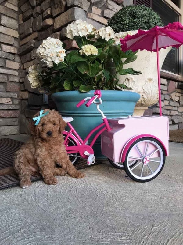 Precious Doodle Dogs, Mini Doodle Dogs, Medium Goldendoodle, Standard Goldendoodle, Mini Medium Goldendoodle, Medium Golden doodle, goldendoodle, golden doodle, goldendoodles for sale, goldendoodle puppies for sale, mini goldendoodle, f1b goldendoodle, mini goldendoodle for sale, goldendoodle for sale, goldendoodle puppies, miniature goldendoodle, goldendoodle cost, red goldendoodle, petite goldendoodle, f2b goldendoodle, goldendoodles near me, smeraglia goldendoodles, how big do goldendoodles get, how big does a goldendoodle get, medium sized goldendoodle, standard goldendoodle, large goldendoodle puppies for sale, goldendoodle puppies, standard goldendoodle size, f1 standard goldendoodle, standard goldendoodle, standard goldendoodles for sale near me, standard goldendoodle breeders, f1 standard goldendoodle, small standard goldendoodle, f1 medium goldendoodle, standard goldendoodle puppies for sale, standard goldendoodles for sale, f1b standard goldendoodle, large goldendoodle puppies for sale near me, small standard goldendoodle for sale, small standard golden doodle, miniature goldendoodle for sale, mini golden doodle for sale near me, mini goldendoodle for sale near me, moss creek goldendoodles, f1 mini goldendoodle, red goldendoodle, goldendoodle breeders, parti goldendoodle, golden doodle cream, mini goldendoodles near me, f1b mini golden doodle, golden noodle dog, goldennoodle, goldendoodles for sale near me, f1 goldendoodle, english golden doodle dog, golden doodle dog, miniature goldendoodle puppies, english cream goldendoodle, f2b goldendoodle, apricot goldendoodle, white goldendoodle, golden doodles for sale, micro goldendoodle, goldendoodle puppies for sale near me, baby goldendoodle, goldendoodle adoption, standard goldendoodle, golden mountain doodle, f1bb goldendoodle, mini goldendoodle puppies for sale, red golden doodle, mini golden doodle puppies for sale near me, goldendoodle cost, goldendoodles near me, mini goldendoodle puppies, petite goldendoodle, small goldendoodle, types of goldendoodles, goldendoodle puppies near me, mini goldendoodle breeders, golden retriever doodle, ginger goldendoodle, parti golden doodles for sale, blonde goldendoodle, blonde golden doodle puppies, red goldendoodle for sale, multigenerational goldendoodle, mini doodles near me, trained goldendoodles for sale, tiny goldendoodle, parti goldendoodle puppies, craigslist goldendoodle, f1 mini goldendoodle for sale, english golden dodole puppies, cute goldendoodle, mini goldendoodle dog, mini double doodle, f1b petite goldendoodle puppies for sale, miniature goldendoodle rescue, english goldendoodle puppies for sale, f1b miniature goldendoodle, golden double doodle, medium golden doodle puppies for sale, medium goldendoodle puppies for sale, hoobly goldendoodle, multigen mini goldendoodle, goldendoodle funny, goldendoodle hypoallergenic for sale, hypoallergenic dogs, goldendoodle hypoallergenic, hypoallergenic dogs goldendoodle, mini doodle, mini doodle dog, goldendoodle breeders near me, f1b mini goldendoodle, goldendoodles for sale near me, f1 goldendoodle, apricot goldendoodle, goldendoodle puppies for sale near me, goldendoodle puppies for adoption, double doodle puppies, moss creek goldendoodles, golden doodle dog, mini goldendoodle puppies for sale, golden mountain doodle, brown goldendoodle, goldendoodle grooming, mini golden doodles, goldendoodle shedding, f2b goldendoodle, goldendoodle hypoallergenic, goldendoodle names, english cream goldendoodle, golden retriever and poodle mix, mini goldendoodle puppies, micro goldendoodle, mini goldendoodle puppies for sale, miniature goldendoodle for sale, goldendoodle puppies for adoption, teddy bear goldendoodle, mini goldendoodle rescue, medium goldendoodle, black goldendoodle, mini goldendoodle for sale near me, goldendoodle puppies for sale near me, mini doodle, doodle puppies, mini goldendoodle for sale, goldendoodle breeders near me, miniature goldendoodle for sale near me, toy goldendoodle, petite goldendoodle, golden doodle dog, miniature goldendoodle puppies, mini goldendoodle puppies for sale near me, goldendoodles for sale near me, mini goldedoodle breeders, goldendoodle adoption, f1b mini goldendoodle, small goldendoodle, teacup goldendoodle, goldendoodle puppies near me, goldendoodle breeders, how to groom a goldendoodle, great doodle puppies, golden doodle mix, goldendoodle tampa, goldendoodle facts, white doodle dog, white goldendoodle puppy, mini goldendoodle maryland, country mini doodles, goldendoodle los angeles, toy labradoodle puppies for sale, types of goldendoodles, mini golden retriever puppies, golden goldendoodle, mini golden retriever puppies for sale, miniature australian goldendoodle, goldendoodle sacramento, goldendoodle omaha, labradoodle goldendoodle, f1 medium goldendoodle, BEST goldendoodles, pictures of mini goldendoodles, teacup goldendoodle full grown, micro mini goldendoodle full grown, toy goldendoodle price, goldendoodle chicago, retriever doodle, teacup goldendoodle puppies for sale, cute goldendoodle, mini teddy bear puppies, miniature goldendoodle full grown, f2 mini goldendoodle, goldendoodle spokane, mini goldendoodle chicago, micro mini goldendoodle, how big do miniature goldendoodles get, brown mini goldendoodle, mini doodle breeds, poodle doodle dog, what is a mini goldendoodle, black mini goldendoodle, mini irish doodle puppies for sale, f1b goldendoodle size, toy golden doodles, chocolate brown goldendoodle puppies for sale, petite goldendoodle full grown, goldendoodle behavior, american goldendoodle, f1b medium goldendoodle, goldendoodle puppy cost, cute goldendoodle puppies, goldendoodle indianapolis, teddy goldendoodle, mini goldendoodle weight, teddy bear golden doodles, f1b goldendoodle puppies for sale, miniature goldendoodle size, chocolate goldendoodle puppy, english cream mini goldendoodle, doodle puppies near me, red miniature goldendoodle, cream goldendoodle, goldendoodle puppy cut, mini goldendoodle hypoallergenic, dog breed goldendoodle, goldendoodle poodle mixes, goldendoodle allergies, goldendoodle info, sandy ridge goldendoodles, lakeshore goldendoodles, toy goldendoodle puppies for sale, labradoodle and goldendoodle, goldendoodle las vegas, goldendoodle phoenix, doodle breeders near me, miniature goldendoodle weight, black and white goldendoodle, sarasota goldendoodles, mini goldendoodle dallas, a goldendoodle, what is a goldendoodle, goldendoodle dallas, mini golden doodles for sale, ginger doodle puppy, how much does a mini goldendoodle cost, goldendoodle san antonio, goldendoodle photos, goldendoodle cuts, chocolate mini goldendoodle, all about goldendoodles, goldendoodle cincinnati, black doodle dog, goldendoodle weight, miniature goldendoodle breeders, goldendoodle information, miniature goldendoodle puppies for sale, doodle puppies for sale near me, black labradoodle puppies for sale, goldendoodle seattle, golden doodles near me, teacup goldendoodle for sale, golden retriever poodle puppy, goldendoodle rochester ny, goldendoodle and poodle mix, akc goldendoodle, goldendoodle kansas city, mini goldendoodle facts, goldendoodle austin, goldendoodle doodle, goldendoodle tulsa, curly goldendoodle, brown goldendoodle puppies, f1b labradoodle puppies for sale, red mini goldendoodle, goldendoodle poodle, chocolate goldendoodle for sale, tiny goldendoodle, goldendoodle puppies breeders, english goldendoodle puppies for sale, mini golden labradoodle, f1b mini teddy bear goldendoodles, red goldendoodle puppies for sale, miniature golden retriever breeders, f1 goldendoodles for sale, teacup goldendoodle puppies, toy mini goldendoodle, xs petite goldendoodle, f2 goldendoodle puppies for sale, mini goldendoodle cost, black goldendoodle for sale, english teddy bear goldendoodle, small doodle dogs, goldendoodle nashville, english goldendoodle puppies, golden retriever poodle mix for sale, red goldendoodle puppy, parti goldendoodles for sale, english cream goldendoodles for sale, doodle puppies for sale, golden retriever poodle mix puppies, goldendoodle tucson, f1b mini goldendoodle puppies for sale, mini goldendoodle breeders northeast, teddy bear goldendoodle, toy goldendoodle rescue, petite mini goldendoodle, goldendoodle stuff, mini goldendoodles near me, teddy bear goldendoodle puppies, f1 goldendoodle puppies, teddy bear goldendoodles for sale, silver goldendoodle, buy goldendoodle, mini golden doodle dog, teddy bear goldendoodles mini, micro mini goldendoodle puppies for sale, goldendoodle dogs for sale, best goldendoodle breeders, chocolate goldendoodle puppies for sale, doodle dogs for sale, toy goldendoodle puppies, mini doodle dog, toy goldendoodle breeders, doodles for sale, goldendoodle hypoallergenic dog, mini goldendoodle breeders near me, english goldendoodle breeders, f1b mini goldendoodle for sale, teacup goldendoodle price, petite goldendoodle for sale, mini english goldendoodle, mini goldendoodle info, miniature goldendoodle puppies for sale near me, black goldendoodle puppies for sale, f1 goldendoodle puppies for sale, large goldendoodle, extra large goldendoodle, goldendoodle big dog, largest goldendoodle, large goldendoodle weight, large goldendoodle for sale, large goldendoodle puppies, medium goldendoodle, medium goldendoodle for sale, medium goldendoodle breeders, f1b medium goldendoodle, medium goldendoodle puppies for sale near me, f1 medium goldendoodle, medium size goldendoodle, medium goldendoodle puppies for sale, Goldendoodle puppies AL, Goldendoodle puppies AK, Goldendoodle puppies AZ, Goldendoodle puppies AR, Goldendoodle puppies CA, Goldendoodle puppies CO, Goldendoodle puppies CT, Goldendoodle puppies DE, Goldendoodle puppies FL, Goldendoodle puppies GA, Goldendoodle puppies HI, Goldendoodle puppies ID, Goldendoodle puppies IL, Goldendoodle puppies IN, Goldendoodle puppies IA, Goldendoodle puppies KS, Goldendoodle puppies KY, Goldendoodle puppies LA, Goldendoodle puppies ME, Goldendoodle puppies MD, Goldendoodle puppies MA, Goldendoodle puppies MI, Goldendoodle puppies MN, Goldendoodle puppies MS, Goldendoodle puppies MO, Goldendoodle puppies MT, Goldendoodle puppies NE, Goldendoodle puppies NV, Goldendoodle puppies NH, Goldendoodle puppies NJ, Goldendoodle puppies NM, Goldendoodle puppies NY, Goldendoodle puppies NC, Goldendoodle puppies ND, Goldendoodle puppies OH, Goldendoodle puppies OK, Goldendoodle puppies OR, Goldendoodle puppies PA, Goldendoodle puppies RI, Goldendoodle puppies SC, Goldendoodle puppies SD, Goldendoodle puppies TN, Goldendoodle puppies TX, Goldendoodle puppies UT, Goldendoodle puppies VT, Goldendoodle puppies VA, Goldendoodle puppies WA, Goldendoodle puppies WV, Goldendoodle puppies WI, Goldendoodle puppies WY, Goldendoodle Alabama, Goldendoodle Alaska, Goldendoodle Arizona, Goldendoodle Arkansas, Goldendoodle California, Goldendoodle Colorado, Goldendoodle Connecticut, Goldendoodle Delaware, Goldendoodle Florida, Goldendoodle Georgia, Goldendoodle Hawaii, Goldendoodle Idaho, Goldendoodle Illinois, Goldendoodle Indiana, Goldendoodle Iowa, Goldendoodle Kansas, Goldendoodle Kentucky, Goldendoodle Louisiana, Goldendoodle Maine, Goldendoodle Maryland, Goldendoodle Massachusetts, Goldendoodle Michigan, Goldendoodle Minnesota, Goldendoodle Mississippi, Goldendoodle Missouri, Goldendoodle Montana, Goldendoodle Nebraska, Goldendoodle Nevada, Goldendoodle New Hampshire, Goldendoodle New Jersey, Goldendoodle New Mexico, Goldendoodle New York, Goldendoodle North Carolina, Goldendoodle North Dakota, Goldendoodle Ohio, Goldendoodle Oklahoma, Goldendoodle Oregon, Goldendoodle Pennsylvania, Goldendoodle Rhode Island, Goldendoodle South Carolina, Goldendoodle South Dakota, Goldendoodle Tennessee, Goldendoodle Texas, Goldendoodle Utah, Goldendoodle Vermont, Goldendoodle Virginia, Goldendoodle Washington, Goldendoodle West Virginia, Goldendoodle Wisconsin, Goldendoodle Wyoming, f1b medium goldendoodle size, medium goldendoodles near me, medium apricot goldendoodle, mid size goldendoodle, big goldendoodle, huge goldendoodle, big goldendoodle for sale, large doodle dog, big oak ranch goldendoodles, big bear doodles and poos, goldendoodle big size, goldendoodle big dog, goldendoodle large breed, medium brown goldendoodle, f2 medium goldendoodle, mini medium goldendoodle, medium f1 goldendoodle for sale, medium goldendoodle puppies, medium f1b goldendoodle for sale, medium goldendoodles for sale near me, f1 medium goldendoodle puppies for sale, goldendoodle medium size for sale, 45 pound goldendoodle, medium doodle, medium red goldendoodle, medium sized goldendoodle puppies for sale, f1 medium english cream goldendoodle, size of medium goldendoodle, medium goldendoodle price, medium goldendoodle breeders near me, f1b medium goldendoodle breeders near me, f1b medium goldendoodle puppies for sale, medium teddy bear goldendoodle, f2b medium goldendoodle, medium double doodle, medium goldendoodle f1b, medium enlish goldendoodle, 45 lb goldendoodle, medium doodles, Miniature goldendoodles for sale in AL, Miniature goldendoodles for sale in AK, Miniature goldendoodles for sale in AZ, Miniature goldendoodles for sale in AR, Miniature goldendoodles for sale in CA, Miniature goldendoodles for sale in CO, Miniature goldendoodles for sale in CT, Miniature goldendoodles for sale in DE, Miniature goldendoodles for sale in FL, Miniature goldendoodles for sale in GA, Miniature goldendoodles for sale in HI, Miniature goldendoodles for sale in ID, Miniature goldendoodles for sale in IL, Miniature goldendoodles for sale in IN, Miniature goldendoodles for sale in IA, Miniature goldendoodles for sale in KS, Miniature goldendoodles for sale in KY, Miniature goldendoodles for sale in LA, Miniature goldendoodles for sale in ME, Miniature goldendoodles for sale in MD, Miniature goldendoodles for sale in MA, Miniature goldendoodles for sale in MI, Miniature goldendoodles for sale in MN, Miniature goldendoodles for sale in MS, Miniature goldendoodles for sale in MO, Miniature goldendoodles for sale in MT, Miniature goldendoodles for sale in NE, Miniature goldendoodles for sale in NV, Miniature goldendoodles for sale in NH, Miniature goldendoodles for sale in NJ, Miniature goldendoodles for sale in NM, Miniature goldendoodles for sale in NY, Miniature goldendoodles for sale in NC, Miniature goldendoodles for sale in ND, Miniature goldendoodles for sale in OH, Miniature goldendoodles for sale in OK, Miniature goldendoodles for sale in OR, Miniature goldendoodles for sale in PA, Miniature goldendoodles for sale in RI, Miniature goldendoodles for sale in SC, Miniature goldendoodles for sale in SD, Miniature goldendoodles for sale in TN, Miniature goldendoodles for sale in TX, Miniature goldendoodles for sale in UT, Miniature goldendoodles for sale in VT, Miniature goldendoodles for sale in VA, Miniature goldendoodles for sale in WA, Miniature goldendoodles for sale in WV, Miniature goldendoodles for sale in WI, Miniature goldendoodles for sale in WY, Mini Goldendoodle Alabama, Mini Goldendoodle Alaska, Mini Goldendoodle Arizona, Mini Goldendoodle Arkansas, Mini Goldendoodle California, Mini Goldendoodle Colorado, Mini Goldendoodle Connecticut, Mini Goldendoodle Delaware, Mini Goldendoodle Florida, Mini Goldendoodle Georgia, Mini Goldendoodle Hawaii, Mini Goldendoodle Idaho, Mini Goldendoodle Illinois, Mini Goldendoodle Indiana, Mini Goldendoodle Iowa, Mini Goldendoodle Kansas, Mini Goldendoodle Kentucky, Mini Goldendoodle Louisiana, Mini Goldendoodle Maine, Mini Goldendoodle Maryland, Mini Goldendoodle Massachusetts, Mini Goldendoodle Michigan, Mini Goldendoodle Minnesota, Mini Goldendoodle Mississippi, Mini Goldendoodle Missouri, Mini Goldendoodle Montana, Mini Goldendoodle Nebraska, Mini Goldendoodle Nevada, Mini Goldendoodle New Hampshire, Mini Goldendoodle New Jersey, Mini Goldendoodle New Mexico, Mini Goldendoodle New York, Mini Goldendoodle North Carolina, Mini Goldendoodle North Dakota, Mini Goldendoodle Ohio, Mini Goldendoodle Oklahoma, Mini Goldendoodle Oregon, Mini Goldendoodle Pennsylvania, Mini Goldendoodle Rhode Island, Mini Goldendoodle South Carolina, Mini Goldendoodle South Dakota, Mini Goldendoodle Tennessee, Mini Goldendoodle Texas, Mini Goldendoodle Utah, Mini Goldendoodle Vermont, Mini Goldendoodle Virginia, Mini Goldendoodle Washington, Mini Goldendoodle West Virginia, Mini Goldendoodle Wisconsin, Mini Goldendoodle Wyoming,