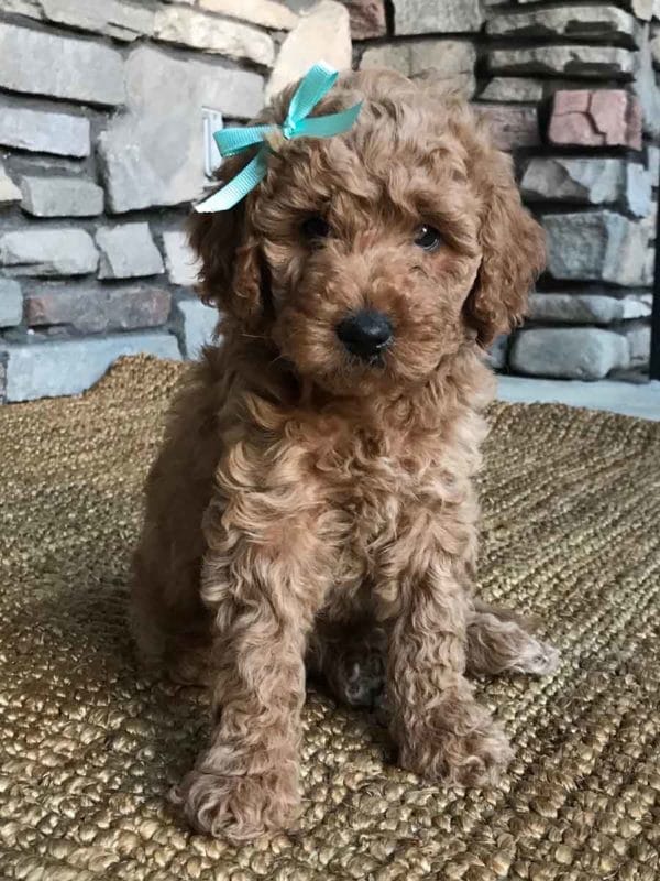 Precious Doodle Dogs, Mini Doodle Dogs, Medium Goldendoodle, Standard Goldendoodle, Mini Medium Goldendoodle, Medium Golden doodle, goldendoodle, golden doodle, goldendoodles for sale, goldendoodle puppies for sale, mini goldendoodle, f1b goldendoodle, mini goldendoodle for sale, goldendoodle for sale, goldendoodle puppies, miniature goldendoodle, goldendoodle cost, red goldendoodle, petite goldendoodle, f2b goldendoodle, goldendoodles near me, smeraglia goldendoodles, how big do goldendoodles get, how big does a goldendoodle get, medium sized goldendoodle, standard goldendoodle, large goldendoodle puppies for sale, goldendoodle puppies, standard goldendoodle size, f1 standard goldendoodle, standard goldendoodle, standard goldendoodles for sale near me, standard goldendoodle breeders, f1 standard goldendoodle, small standard goldendoodle, f1 medium goldendoodle, standard goldendoodle puppies for sale, standard goldendoodles for sale, f1b standard goldendoodle, large goldendoodle puppies for sale near me, small standard goldendoodle for sale, small standard golden doodle, miniature goldendoodle for sale, mini golden doodle for sale near me, mini goldendoodle for sale near me, moss creek goldendoodles, f1 mini goldendoodle, red goldendoodle, goldendoodle breeders, parti goldendoodle, golden doodle cream, mini goldendoodles near me, f1b mini golden doodle, golden noodle dog, goldennoodle, goldendoodles for sale near me, f1 goldendoodle, english golden doodle dog, golden doodle dog, miniature goldendoodle puppies, english cream goldendoodle, f2b goldendoodle, apricot goldendoodle, white goldendoodle, golden doodles for sale, micro goldendoodle, goldendoodle puppies for sale near me, baby goldendoodle, goldendoodle adoption, standard goldendoodle, golden mountain doodle, f1bb goldendoodle, mini goldendoodle puppies for sale, red golden doodle, mini golden doodle puppies for sale near me, goldendoodle cost, goldendoodles near me, mini goldendoodle puppies, petite goldendoodle, small goldendoodle, types of goldendoodles, goldendoodle puppies near me, mini goldendoodle breeders, golden retriever doodle, ginger goldendoodle, parti golden doodles for sale, blonde goldendoodle, blonde golden doodle puppies, red goldendoodle for sale, multigenerational goldendoodle, mini doodles near me, trained goldendoodles for sale, tiny goldendoodle, parti goldendoodle puppies, craigslist goldendoodle, f1 mini goldendoodle for sale, english golden dodole puppies, cute goldendoodle, mini goldendoodle dog, mini double doodle, f1b petite goldendoodle puppies for sale, miniature goldendoodle rescue, english goldendoodle puppies for sale, f1b miniature goldendoodle, golden double doodle, medium golden doodle puppies for sale, medium goldendoodle puppies for sale, hoobly goldendoodle, multigen mini goldendoodle, goldendoodle funny, goldendoodle hypoallergenic for sale, hypoallergenic dogs, goldendoodle hypoallergenic, hypoallergenic dogs goldendoodle, mini doodle, mini doodle dog, goldendoodle breeders near me, f1b mini goldendoodle, goldendoodles for sale near me, f1 goldendoodle, apricot goldendoodle, goldendoodle puppies for sale near me, goldendoodle puppies for adoption, double doodle puppies, moss creek goldendoodles, golden doodle dog, mini goldendoodle puppies for sale, golden mountain doodle, brown goldendoodle, goldendoodle grooming, mini golden doodles, goldendoodle shedding, f2b goldendoodle, goldendoodle hypoallergenic, goldendoodle names, english cream goldendoodle, golden retriever and poodle mix, mini goldendoodle puppies, micro goldendoodle, mini goldendoodle puppies for sale, miniature goldendoodle for sale, goldendoodle puppies for adoption, teddy bear goldendoodle, mini goldendoodle rescue, medium goldendoodle, black goldendoodle, mini goldendoodle for sale near me, goldendoodle puppies for sale near me, mini doodle, doodle puppies, mini goldendoodle for sale, goldendoodle breeders near me, miniature goldendoodle for sale near me, toy goldendoodle, petite goldendoodle, golden doodle dog, miniature goldendoodle puppies, mini goldendoodle puppies for sale near me, goldendoodles for sale near me, mini goldedoodle breeders, goldendoodle adoption, f1b mini goldendoodle, small goldendoodle, teacup goldendoodle, goldendoodle puppies near me, goldendoodle breeders, how to groom a goldendoodle, great doodle puppies, golden doodle mix, goldendoodle tampa, goldendoodle facts, white doodle dog, white goldendoodle puppy, mini goldendoodle maryland, country mini doodles, goldendoodle los angeles, toy labradoodle puppies for sale, types of goldendoodles, mini golden retriever puppies, golden goldendoodle, mini golden retriever puppies for sale, miniature australian goldendoodle, goldendoodle sacramento, goldendoodle omaha, labradoodle goldendoodle, f1 medium goldendoodle, BEST goldendoodles, pictures of mini goldendoodles, teacup goldendoodle full grown, micro mini goldendoodle full grown, toy goldendoodle price, goldendoodle chicago, retriever doodle, teacup goldendoodle puppies for sale, cute goldendoodle, mini teddy bear puppies, miniature goldendoodle full grown, f2 mini goldendoodle, goldendoodle spokane, mini goldendoodle chicago, micro mini goldendoodle, how big do miniature goldendoodles get, brown mini goldendoodle, mini doodle breeds, poodle doodle dog, what is a mini goldendoodle, black mini goldendoodle, mini irish doodle puppies for sale, f1b goldendoodle size, toy golden doodles, chocolate brown goldendoodle puppies for sale, petite goldendoodle full grown, goldendoodle behavior, american goldendoodle, f1b medium goldendoodle, goldendoodle puppy cost, cute goldendoodle puppies, goldendoodle indianapolis, teddy goldendoodle, mini goldendoodle weight, teddy bear golden doodles, f1b goldendoodle puppies for sale, miniature goldendoodle size, chocolate goldendoodle puppy, english cream mini goldendoodle, doodle puppies near me, red miniature goldendoodle, cream goldendoodle, goldendoodle puppy cut, mini goldendoodle hypoallergenic, dog breed goldendoodle, goldendoodle poodle mixes, goldendoodle allergies, goldendoodle info, sandy ridge goldendoodles, lakeshore goldendoodles, toy goldendoodle puppies for sale, labradoodle and goldendoodle, goldendoodle las vegas, goldendoodle phoenix, doodle breeders near me, miniature goldendoodle weight, black and white goldendoodle, sarasota goldendoodles, mini goldendoodle dallas, a goldendoodle, what is a goldendoodle, goldendoodle dallas, mini golden doodles for sale, ginger doodle puppy, how much does a mini goldendoodle cost, goldendoodle san antonio, goldendoodle photos, goldendoodle cuts, chocolate mini goldendoodle, all about goldendoodles, goldendoodle cincinnati, black doodle dog, goldendoodle weight, miniature goldendoodle breeders, goldendoodle information, miniature goldendoodle puppies for sale, doodle puppies for sale near me, black labradoodle puppies for sale, goldendoodle seattle, golden doodles near me, teacup goldendoodle for sale, golden retriever poodle puppy, goldendoodle rochester ny, goldendoodle and poodle mix, akc goldendoodle, goldendoodle kansas city, mini goldendoodle facts, goldendoodle austin, goldendoodle doodle, goldendoodle tulsa, curly goldendoodle, brown goldendoodle puppies, f1b labradoodle puppies for sale, red mini goldendoodle, goldendoodle poodle, chocolate goldendoodle for sale, tiny goldendoodle, goldendoodle puppies breeders, english goldendoodle puppies for sale, mini golden labradoodle, f1b mini teddy bear goldendoodles, red goldendoodle puppies for sale, miniature golden retriever breeders, f1 goldendoodles for sale, teacup goldendoodle puppies, toy mini goldendoodle, xs petite goldendoodle, f2 goldendoodle puppies for sale, mini goldendoodle cost, black goldendoodle for sale, english teddy bear goldendoodle, small doodle dogs, goldendoodle nashville, english goldendoodle puppies, golden retriever poodle mix for sale, red goldendoodle puppy, parti goldendoodles for sale, english cream goldendoodles for sale, doodle puppies for sale, golden retriever poodle mix puppies, goldendoodle tucson, f1b mini goldendoodle puppies for sale, mini goldendoodle breeders northeast, teddy bear goldendoodle, toy goldendoodle rescue, petite mini goldendoodle, goldendoodle stuff, mini goldendoodles near me, teddy bear goldendoodle puppies, f1 goldendoodle puppies, teddy bear goldendoodles for sale, silver goldendoodle, buy goldendoodle, mini golden doodle dog, teddy bear goldendoodles mini, micro mini goldendoodle puppies for sale, goldendoodle dogs for sale, best goldendoodle breeders, chocolate goldendoodle puppies for sale, doodle dogs for sale, toy goldendoodle puppies, mini doodle dog, toy goldendoodle breeders, doodles for sale, goldendoodle hypoallergenic dog, mini goldendoodle breeders near me, english goldendoodle breeders, f1b mini goldendoodle for sale, teacup goldendoodle price, petite goldendoodle for sale, mini english goldendoodle, mini goldendoodle info, miniature goldendoodle puppies for sale near me, black goldendoodle puppies for sale, f1 goldendoodle puppies for sale, large goldendoodle, extra large goldendoodle, goldendoodle big dog, largest goldendoodle, large goldendoodle weight, large goldendoodle for sale, large goldendoodle puppies, medium goldendoodle, medium goldendoodle for sale, medium goldendoodle breeders, f1b medium goldendoodle, medium goldendoodle puppies for sale near me, f1 medium goldendoodle, medium size goldendoodle, medium goldendoodle puppies for sale, Goldendoodle puppies AL, Goldendoodle puppies AK, Goldendoodle puppies AZ, Goldendoodle puppies AR, Goldendoodle puppies CA, Goldendoodle puppies CO, Goldendoodle puppies CT, Goldendoodle puppies DE, Goldendoodle puppies FL, Goldendoodle puppies GA, Goldendoodle puppies HI, Goldendoodle puppies ID, Goldendoodle puppies IL, Goldendoodle puppies IN, Goldendoodle puppies IA, Goldendoodle puppies KS, Goldendoodle puppies KY, Goldendoodle puppies LA, Goldendoodle puppies ME, Goldendoodle puppies MD, Goldendoodle puppies MA, Goldendoodle puppies MI, Goldendoodle puppies MN, Goldendoodle puppies MS, Goldendoodle puppies MO, Goldendoodle puppies MT, Goldendoodle puppies NE, Goldendoodle puppies NV, Goldendoodle puppies NH, Goldendoodle puppies NJ, Goldendoodle puppies NM, Goldendoodle puppies NY, Goldendoodle puppies NC, Goldendoodle puppies ND, Goldendoodle puppies OH, Goldendoodle puppies OK, Goldendoodle puppies OR, Goldendoodle puppies PA, Goldendoodle puppies RI, Goldendoodle puppies SC, Goldendoodle puppies SD, Goldendoodle puppies TN, Goldendoodle puppies TX, Goldendoodle puppies UT, Goldendoodle puppies VT, Goldendoodle puppies VA, Goldendoodle puppies WA, Goldendoodle puppies WV, Goldendoodle puppies WI, Goldendoodle puppies WY, Goldendoodle Alabama, Goldendoodle Alaska, Goldendoodle Arizona, Goldendoodle Arkansas, Goldendoodle California, Goldendoodle Colorado, Goldendoodle Connecticut, Goldendoodle Delaware, Goldendoodle Florida, Goldendoodle Georgia, Goldendoodle Hawaii, Goldendoodle Idaho, Goldendoodle Illinois, Goldendoodle Indiana, Goldendoodle Iowa, Goldendoodle Kansas, Goldendoodle Kentucky, Goldendoodle Louisiana, Goldendoodle Maine, Goldendoodle Maryland, Goldendoodle Massachusetts, Goldendoodle Michigan, Goldendoodle Minnesota, Goldendoodle Mississippi, Goldendoodle Missouri, Goldendoodle Montana, Goldendoodle Nebraska, Goldendoodle Nevada, Goldendoodle New Hampshire, Goldendoodle New Jersey, Goldendoodle New Mexico, Goldendoodle New York, Goldendoodle North Carolina, Goldendoodle North Dakota, Goldendoodle Ohio, Goldendoodle Oklahoma, Goldendoodle Oregon, Goldendoodle Pennsylvania, Goldendoodle Rhode Island, Goldendoodle South Carolina, Goldendoodle South Dakota, Goldendoodle Tennessee, Goldendoodle Texas, Goldendoodle Utah, Goldendoodle Vermont, Goldendoodle Virginia, Goldendoodle Washington, Goldendoodle West Virginia, Goldendoodle Wisconsin, Goldendoodle Wyoming, f1b medium goldendoodle size, medium goldendoodles near me, medium apricot goldendoodle, mid size goldendoodle, big goldendoodle, huge goldendoodle, big goldendoodle for sale, large doodle dog, big oak ranch goldendoodles, big bear doodles and poos, goldendoodle big size, goldendoodle big dog, goldendoodle large breed, medium brown goldendoodle, f2 medium goldendoodle, mini medium goldendoodle, medium f1 goldendoodle for sale, medium goldendoodle puppies, medium f1b goldendoodle for sale, medium goldendoodles for sale near me, f1 medium goldendoodle puppies for sale, goldendoodle medium size for sale, 45 pound goldendoodle, medium doodle, medium red goldendoodle, medium sized goldendoodle puppies for sale, f1 medium english cream goldendoodle, size of medium goldendoodle, medium goldendoodle price, medium goldendoodle breeders near me, f1b medium goldendoodle breeders near me, f1b medium goldendoodle puppies for sale, medium teddy bear goldendoodle, f2b medium goldendoodle, medium double doodle, medium goldendoodle f1b, medium enlish goldendoodle, 45 lb goldendoodle, medium doodles, Miniature goldendoodles for sale in AL, Miniature goldendoodles for sale in AK, Miniature goldendoodles for sale in AZ, Miniature goldendoodles for sale in AR, Miniature goldendoodles for sale in CA, Miniature goldendoodles for sale in CO, Miniature goldendoodles for sale in CT, Miniature goldendoodles for sale in DE, Miniature goldendoodles for sale in FL, Miniature goldendoodles for sale in GA, Miniature goldendoodles for sale in HI, Miniature goldendoodles for sale in ID, Miniature goldendoodles for sale in IL, Miniature goldendoodles for sale in IN, Miniature goldendoodles for sale in IA, Miniature goldendoodles for sale in KS, Miniature goldendoodles for sale in KY, Miniature goldendoodles for sale in LA, Miniature goldendoodles for sale in ME, Miniature goldendoodles for sale in MD, Miniature goldendoodles for sale in MA, Miniature goldendoodles for sale in MI, Miniature goldendoodles for sale in MN, Miniature goldendoodles for sale in MS, Miniature goldendoodles for sale in MO, Miniature goldendoodles for sale in MT, Miniature goldendoodles for sale in NE, Miniature goldendoodles for sale in NV, Miniature goldendoodles for sale in NH, Miniature goldendoodles for sale in NJ, Miniature goldendoodles for sale in NM, Miniature goldendoodles for sale in NY, Miniature goldendoodles for sale in NC, Miniature goldendoodles for sale in ND, Miniature goldendoodles for sale in OH, Miniature goldendoodles for sale in OK, Miniature goldendoodles for sale in OR, Miniature goldendoodles for sale in PA, Miniature goldendoodles for sale in RI, Miniature goldendoodles for sale in SC, Miniature goldendoodles for sale in SD, Miniature goldendoodles for sale in TN, Miniature goldendoodles for sale in TX, Miniature goldendoodles for sale in UT, Miniature goldendoodles for sale in VT, Miniature goldendoodles for sale in VA, Miniature goldendoodles for sale in WA, Miniature goldendoodles for sale in WV, Miniature goldendoodles for sale in WI, Miniature goldendoodles for sale in WY, Mini Goldendoodle Alabama, Mini Goldendoodle Alaska, Mini Goldendoodle Arizona, Mini Goldendoodle Arkansas, Mini Goldendoodle California, Mini Goldendoodle Colorado, Mini Goldendoodle Connecticut, Mini Goldendoodle Delaware, Mini Goldendoodle Florida, Mini Goldendoodle Georgia, Mini Goldendoodle Hawaii, Mini Goldendoodle Idaho, Mini Goldendoodle Illinois, Mini Goldendoodle Indiana, Mini Goldendoodle Iowa, Mini Goldendoodle Kansas, Mini Goldendoodle Kentucky, Mini Goldendoodle Louisiana, Mini Goldendoodle Maine, Mini Goldendoodle Maryland, Mini Goldendoodle Massachusetts, Mini Goldendoodle Michigan, Mini Goldendoodle Minnesota, Mini Goldendoodle Mississippi, Mini Goldendoodle Missouri, Mini Goldendoodle Montana, Mini Goldendoodle Nebraska, Mini Goldendoodle Nevada, Mini Goldendoodle New Hampshire, Mini Goldendoodle New Jersey, Mini Goldendoodle New Mexico, Mini Goldendoodle New York, Mini Goldendoodle North Carolina, Mini Goldendoodle North Dakota, Mini Goldendoodle Ohio, Mini Goldendoodle Oklahoma, Mini Goldendoodle Oregon, Mini Goldendoodle Pennsylvania, Mini Goldendoodle Rhode Island, Mini Goldendoodle South Carolina, Mini Goldendoodle South Dakota, Mini Goldendoodle Tennessee, Mini Goldendoodle Texas, Mini Goldendoodle Utah, Mini Goldendoodle Vermont, Mini Goldendoodle Virginia, Mini Goldendoodle Washington, Mini Goldendoodle West Virginia, Mini Goldendoodle Wisconsin, Mini Goldendoodle Wyoming,