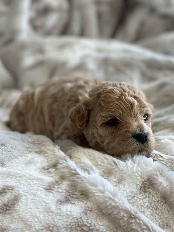 Precious Doodle Dogs, Labradoodle, doodle dog, labradoodle puppies for sale, labra, labradoodle for sale, Mini Doodle Dogs, miniature labradoodle, mini labradoodle, labradoodle puppy, how much is a labradoodle, labradoodle hypoallergenic, miniature labrador, mini labradoodle puppies for sale, labradoodle price, labradoodle shedding, labradoodle near me, miniature puppies for sale, white labradoodle, adult labradoodle, miniature labradoodle for sale, pictures of labradoodles, mini labradoodle puppies, miniature labradoodle puppies, red labradoodle, labradoodle breeders, labradoodle breeders near me, toy labradoodle, f1 labradoodle, small labradoodle, labradoodle for sale near me, golden labradoodle, miniature australian labradoodle, mini australian labradoodle, black labradoodle, labradoodle adoption, labradoodle dog, chocolate labradoodle puppies for sale, f1b labradoodle, labradoodle size, doodle puppies, mini doodle, how big do labradoodles get, brown labradoodle, chocolate labradoodle, mini labradoodle for sale, labradoodle puppies for sale near me, labradoodle cost, labradoodle temperament, labradoodle grooming, black and white labradoodle, mini australian labradoodle temperament, doodles for sale, mini doodle dog, australian labradoodle, full size labradoodle, shaved labradoodle, apricot labradoodle puppy, labradoodle austin, labradoodles austin texas, grown labradoodle, mini doodle breeds, labradoodle puppy cost, american labradoodle, labradoodle price range, f1b miniature labradoodle, labradoodles of long island, mini labradoodle near me, chocolate doodle puppies, labradoodle poodle, great doodle puppies, how big do mini labradoodles get, labradoodle names, are labradoodles smart, eden valley labradoodles, english manor labradoodles, red mini labradoodle, multigen labradoodle, labradoodle weight, labradoodle images, labradoodle cuts, miniture lab, labradoodle pics, labradoodle photos, mini golden labradoodle, miniature chocoalte lab, labradoodle personality, labradoodle facts, baby labradoodle, how much do labradoodles cost, caramel labradoodle, english labradoodle, labradoodles for sale, phantom labradoodle, labradoodle doodle, blue labradoodle, labradoodle colors, labradoodle hunting, labradoodle dog breeds, labradoodle allergies, pictures of labradoodle puppies, miniature lab for sale, lab and poodle mix, mini australian labradoodle cost, multigenerational labradoodle, lab poodle, mini doodles for sale, cute labradoodle, brown and white labradoodle, tiny goldendoodle, mini labradoodle price, f1 labradoodle puppy, brown labradoodle puppy, doodle dogs for sale, f1b mini labradoodle, medium labradoodle size, petite labradoodle, golden labradoodle puppy, black labradoodle puppies, best labradoodle breeders, mini labradoodle adoption, chocolate doodle, mini australian labradoodle, micro mini labradoodle, teacup labradoodle puppies for sale, mini labradoodle full grown, mini labradoodle size, mini australian labradoodle puppies for sale, parti labradoodle, mini chocolate labradoodle, f1 labradoodle puppies for sale, poodle labrador, mini australian doodle, labradoodle puppies for adoption, miniature labradoodle full grown, black miniature labradoodle , red labradoodle puppies, miniature chocolate labradoodle, mini labradoodles for sale near me, black labradoodle puppies for sale, micro labradoodle, chocolate australian labradoodle, apricot labradoodle, labradoodle mix, labradoodle info, australian labradoodle hypoallergenic, lab poodle mix puppy, adult mini labradoodle, family labradoodles, miniature labradoodle size, labradoodle puppies near me, cream labradoodle, chocolate labradoodle puppies, doodle puppies for sale, miniaure labradoodle for sale near me, teacup labradoodle, chocolate labradoodle for sale, chocolate mini labradoodle puppies for sale, miniature labradoodle breeders, silver labradoodle, black australian labradoodle, groodle puppies, mini labradoodle breeders, white labradoodle puppy, where to buy a labradoodle, black mini labradoodle, chocolate labradoodle puppies for sale near me, miniature labradoodle puppies for sale, labradoodle puppies price, labre doodle's, miniature labradoodle puppies, buy labradoodle, mini doodle puppies, mini labradoodle puppies for sale near me, mini labradoodle temperament, micro labradoodle puppies for sale, labradoodle information, golden labradoodle for sale, f1b labradoodle puppies for sale, toy labradoodle puppies for sale, how long do mini labradoodles live, chocolate and white labradoodle, labradoodle stud, labradoodle mini pup, what is a mini labradoodle, mini labradoodle images, mini poodle lab mix, what is a miniature labradoodle, labradoodle more lab than poodle, cute labradoodle puppies, miniature labradoodle puppies for sale, mini labrador breed, miniature labradoodle characteristics, images of miniature labradoodles, Mini Labradoodle Alabama, Mini Labradoodle Alaska, Mini Labradoodle Arizona, Mini Labradoodle Arkansas, Mini Labradoodle California, Mini Labradoodle Colorado, Mini Labradoodle Connecticut, Mini Labradoodle Delaware, Mini Labradoodle Florida, Mini Labradoodle Georgia, Mini Labradoodle Hawaii, Mini Labradoodle Idaho, Mini Labradoodle Illinois, Mini Labradoodle Indiana, Mini Labradoodle Iowa, Mini Labradoodle Kansas, Mini Labradoodle Kentucky, Mini Labradoodle Louisiana, Mini Labradoodle Maine, Mini Labradoodle Maryland, Mini Labradoodle Massachusetts, Mini Labradoodle Michigan, Mini Labradoodle Minnesota, Mini Labradoodle Mississippi, Mini Labradoodle Missouri, Mini Labradoodle Montana, Mini Labradoodle Nebraska, Mini Labradoodle Nevada, Mini Labradoodle New Hampshire, Mini Labradoodle New Jersey, Mini Labradoodle New Mexico, Mini Labradoodle New York, Mini Labradoodle North Carolina, Mini Labradoodle North Dakota, Mini Labradoodle Ohio, Mini Labradoodle Oklahoma, Mini Labradoodle Oregon, Mini Labradoodle Pennsylvania, Mini Labradoodle Rhode Island, Mini Labradoodle South Carolina, Mini Labradoodle South Dakota, Mini Labradoodle Tennessee, Mini Labradoodle Texas, Mini Labradoodle Utah, Mini Labradoodle Vermont, Mini Labradoodle Virginia, Mini Labradoodle Washington, Mini Labradoodle West Virginia, Mini Labradoodle Wisconsin, Mini Labradoodle Wyoming, Miniature Labradoodle Alabama, Miniature Labradoodle Alaska, Miniature Labradoodle Arizona, Miniature Labradoodle Arkansas, Miniature Labradoodle California, Miniature Labradoodle Colorado, Miniature Labradoodle Connecticut, Miniature Labradoodle Delaware, Miniature Labradoodle Florida, Miniature Labradoodle Georgia, Miniature Labradoodle Hawaii, Miniature Labradoodle Idaho, Miniature Labradoodle Illinois, Miniature Labradoodle Indiana, Miniature Labradoodle Iowa, Miniature Labradoodle Kansas, Miniature Labradoodle Kentucky, Miniature Labradoodle Louisiana, Miniature Labradoodle Maine, Miniature Labradoodle Maryland, Miniature Labradoodle Massachusetts, Miniature Labradoodle Michigan, Miniature Labradoodle Minnesota, Miniature Labradoodle Mississippi, Miniature Labradoodle Missouri, Miniature Labradoodle Montana, Miniature Labradoodle Nebraska, Miniature Labradoodle Nevada, Miniature Labradoodle New Hampshire, Miniature Labradoodle New Jersey, Miniature Labradoodle New Mexico, Miniature Labradoodle New York, Miniature Labradoodle North Carolina, Miniature Labradoodle North Dakota, Miniature Labradoodle Ohio, Miniature Labradoodle Oklahoma, Miniature Labradoodle Oregon, Miniature Labradoodle Pennsylvania, Miniature Labradoodle Rhode Island, Miniature Labradoodle South Carolina, Miniature Labradoodle South Dakota, Miniature Labradoodle Tennessee, Miniature Labradoodle Texas, Miniature Labradoodle Utah, Miniature Labradoodle Vermont, Miniature Labradoodle Virginia, Miniature Labradoodle Washington, Miniature Labradoodle West Virginia, Miniature Labradoodle Wisconsin, Miniature Labradoodle Wyoming, Mini Labradoodle puppies for sale Alabama, Mini Labradoodle puppies for sale Alaska, Mini Labradoodle puppies for sale Arizona, Mini Labradoodle puppies for sale Arkansas, Mini Labradoodle puppies for sale California, Mini Labradoodle puppies for sale Colorado, Mini Labradoodle puppies for sale Connecticut, Mini Labradoodle puppies for sale Delaware, Mini Labradoodle puppies for sale Florida, Mini Labradoodle puppies for sale Georgia, Mini Labradoodle puppies for sale Hawaii, Mini Labradoodle puppies for sale Idaho, Mini Labradoodle puppies for sale Illinois, Mini Labradoodle puppies for sale Indiana, Mini Labradoodle puppies for sale Iowa, Mini Labradoodle puppies for sale Kansas, Mini Labradoodle puppies for sale Kentucky, Mini Labradoodle puppies for sale Louisiana, Mini Labradoodle puppies for sale Maine, Mini Labradoodle puppies for sale Maryland, Mini Labradoodle puppies for sale Massachusetts, Mini Labradoodle puppies for sale Michigan, Mini Labradoodle puppies for sale Minnesota, Mini Labradoodle puppies for sale Mississippi, Mini Labradoodle puppies for sale Missouri, Mini Labradoodle puppies for sale Montana, Mini Labradoodle puppies for sale Nebraska, Mini Labradoodle puppies for sale Nevada, Mini Labradoodle puppies for sale New Hampshire, Mini Labradoodle puppies for sale New Jersey, Mini Labradoodle puppies for sale New Mexico, Mini Labradoodle puppies for sale New York, Mini Labradoodle puppies for sale North Carolina, Mini Labradoodle puppies for sale North Dakota, Mini Labradoodle puppies for sale Ohio, Mini Labradoodle puppies for sale Oklahoma, Mini Labradoodle puppies for sale Oregon, Mini Labradoodle puppies for sale Pennsylvania, Mini Labradoodle puppies for sale Rhode Island, Mini Labradoodle puppies for sale South Carolina, Mini Labradoodle puppies for sale South Dakota, Mini Labradoodle puppies for sale Tennessee, Mini Labradoodle puppies for sale Texas, Mini Labradoodle puppies for sale Utah, Mini Labradoodle puppies for sale Vermont, Mini Labradoodle puppies for sale Virginia, Mini Labradoodle puppies for sale Washington, Mini Labradoodle puppies for sale West Virginia, Mini Labradoodle puppies for sale Wisconsin, Mini Labradoodle puppies for sale Wyoming, Labradoodle puppies for sale Alabama, Labradoodle puppies for sale Alaska, Labradoodle puppies for sale Arizona, Labradoodle puppies for sale Arkansas, Labradoodle puppies for sale California, Labradoodle puppies for sale Colorado, Labradoodle puppies for sale Connecticut, Labradoodle puppies for sale Delaware, Labradoodle puppies for sale Florida, Labradoodle puppies for sale Georgia, Labradoodle puppies for sale Hawaii, Labradoodle puppies for sale Idaho, Labradoodle puppies for sale Illinois, Labradoodle puppies for sale Indiana, Labradoodle puppies for sale Iowa, Labradoodle puppies for sale Kansas, Labradoodle puppies for sale Kentucky, Labradoodle puppies for sale Louisiana, Labradoodle puppies for sale Maine, Labradoodle puppies for sale Maryland, Labradoodle puppies for sale Massachusetts, Labradoodle puppies for sale Michigan, Labradoodle puppies for sale Minnesota, Labradoodle puppies for sale Mississippi, Labradoodle puppies for sale Missouri, Labradoodle puppies for sale Montana, Labradoodle puppies for sale Nebraska, Labradoodle puppies for sale Nevada, Labradoodle puppies for sale New Hampshire, Labradoodle puppies for sale New Jersey, Labradoodle puppies for sale New Mexico, Labradoodle puppies for sale New York, Labradoodle puppies for sale North Carolina, Labradoodle puppies for sale North Dakota, Labradoodle puppies for sale Ohio, Labradoodle puppies for sale Oklahoma, Labradoodle puppies for sale Oregon, Labradoodle puppies for sale Pennsylvania, Labradoodle puppies for sale Rhode Island, Labradoodle puppies for sale South Carolina, Labradoodle puppies for sale South Dakota, Labradoodle puppies for sale Tennessee, Labradoodle puppies for sale Texas, Labradoodle puppies for sale Utah, Labradoodle puppies for sale Vermont, Labradoodle puppies for sale Virginia, Labradoodle puppies for sale Washington, Labradoodle puppies for sale West Virginia, Labradoodle puppies for sale Wisconsin, Labradoodle puppies for sale Wyoming, Labradoodles for sale in Alabama, Labradoodles for sale in Alaska, Labradoodles for sale in Arizona, Labradoodles for sale in Arkansas, Labradoodles for sale in California, Labradoodles for sale in Colorado, Labradoodles for sale in Connecticut, Labradoodles for sale in Delaware, Labradoodles for sale in Florida, Labradoodles for sale in Georgia, Labradoodles for sale in Hawaii, Labradoodles for sale in Idaho, Labradoodles for sale in Illinois, Labradoodles for sale in Indiana, Labradoodles for sale in Iowa, Labradoodles for sale in Kansas, Labradoodles for sale in Kentucky, Labradoodles for sale in Louisiana, Labradoodles for sale in Maine, Labradoodles for sale in Maryland, Labradoodles for sale in Massachusetts, Labradoodles for sale in Michigan, Labradoodles for sale in Minnesota, Labradoodles for sale in Mississippi, Labradoodles for sale in Missouri, Labradoodles for sale in Montana, Labradoodles for sale in Nebraska, Labradoodles for sale in Nevada, Labradoodles for sale in New Hampshire, Labradoodles for sale in New Jersey, Labradoodles for sale in New Mexico, Labradoodles for sale in New York, Labradoodles for sale in North Carolina, Labradoodles for sale in North Dakota, Labradoodles for sale in Ohio, Labradoodles for sale in Oklahoma, Labradoodles for sale in Oregon, Labradoodles for sale in Pennsylvania, Labradoodles for sale in Rhode Island, Labradoodles for sale in South Carolina, Labradoodles for sale in South Dakota, Labradoodles for sale in Tennessee, Labradoodles for sale in Texas, Labradoodles for sale in Utah, Labradoodles for sale in Vermont, Labradoodles for sale in Virginia, Labradoodles for sale in Washington, Labradoodles for sale in West Virginia, Labradoodles for sale in Wisconsin, Labradoodles for sale in Wyoming, Labradoodle Alabama, Labradoodle Alaska, Labradoodle Arizona, Labradoodle Arkansas, Labradoodle California, Labradoodle Colorado, Labradoodle Connecticut, Labradoodle Delaware, Labradoodle Florida, Labradoodle Georgia, Labradoodle Hawaii, Labradoodle Idaho, Labradoodle Illinois, Labradoodle Indiana, Labradoodle Iowa, Labradoodle Kansas, Labradoodle Kentucky, Labradoodle Louisiana, Labradoodle Maine, Labradoodle Maryland, Labradoodle Massachusetts, Labradoodle Michigan, Labradoodle Minnesota, Labradoodle Mississippi, Labradoodle Missouri, Labradoodle Montana, Labradoodle Nebraska, Labradoodle Nevada, Labradoodle New Hampshire, Labradoodle New Jersey, Labradoodle New Mexico, Labradoodle New York, Labradoodle North Carolina, Labradoodle North Dakota, Labradoodle Ohio, Labradoodle Oklahoma, Labradoodle Oregon, Labradoodle Pennsylvania, Labradoodle Rhode Island, Labradoodle South Carolina, Labradoodle South Dakota, Labradoodle Tennessee, Labradoodle Texas, Labradoodle Utah, Labradoodle Vermont, Labradoodle Virginia, Labradoodle Washington, Labradoodle West Virginia, Labradoodle Wisconsin, Labradoodle Wyoming, Labradoodle breeders Alabama, Labradoodle breeders Alaska, Labradoodle breeders Arizona, Labradoodle breeders Arkansas, Labradoodle breeders California, Labradoodle breeders Colorado, Labradoodle breeders Connecticut, Labradoodle breeders Delaware, Labradoodle breeders Florida, Labradoodle breeders Georgia, Labradoodle breeders Hawaii, Labradoodle breeders Idaho, Labradoodle breeders Illinois, Labradoodle breeders Indiana, Labradoodle breeders Iowa, Labradoodle breeders Kansas, Labradoodle breeders Kentucky, Labradoodle breeders Louisiana, Labradoodle breeders Maine, Labradoodle breeders Maryland, Labradoodle breeders Massachusetts, Labradoodle breeders Michigan, Labradoodle breeders Minnesota, Labradoodle breeders Mississippi, Labradoodle breeders Missouri, Labradoodle breeders Montana, Labradoodle breeders Nebraska, Labradoodle breeders Nevada, Labradoodle breeders New Hampshire, Labradoodle breeders New Jersey, Labradoodle breeders New Mexico, Labradoodle breeders New York, Labradoodle breeders North Carolina, Labradoodle breeders North Dakota, Labradoodle breeders Ohio, Labradoodle breeders Oklahoma, Labradoodle breeders Oregon, Labradoodle breeders Pennsylvania, Labradoodle breeders Rhode Island, Labradoodle breeders South Carolina, Labradoodle breeders South Dakota, Labradoodle breeders Tennessee, Labradoodle breeders Texas, Labradoodle breeders Utah, Labradoodle breeders Vermont, Labradoodle breeders Virginia, Labradoodle breeders Washington, Labradoodle breeders West Virginia, Labradoodle breeders Wisconsin, Labradoodle breeders Wyoming, Labradoodle puppies Alabama, Labradoodle puppies Alaska, Labradoodle puppies Arizona, Labradoodle puppies Arkansas, Labradoodle puppies California, Labradoodle puppies Colorado, Labradoodle puppies Connecticut, Labradoodle puppies Delaware, Labradoodle puppies Florida, Labradoodle puppies Georgia, Labradoodle puppies Hawaii, Labradoodle puppies Idaho, Labradoodle puppies Illinois, Labradoodle puppies Indiana, Labradoodle puppies Iowa, Labradoodle puppies Kansas, Labradoodle puppies Kentucky, Labradoodle puppies Louisiana, Labradoodle puppies Maine, Labradoodle puppies Maryland, Labradoodle puppies Massachusetts, Labradoodle puppies Michigan, Labradoodle puppies Minnesota, Labradoodle puppies Mississippi, Labradoodle puppies Missouri, Labradoodle puppies Montana, Labradoodle puppies Nebraska, Labradoodle puppies Nevada, Labradoodle puppies New Hampshire, Labradoodle puppies New Jersey, Labradoodle puppies New Mexico, Labradoodle puppies New York, Labradoodle puppies North Carolina, Labradoodle puppies North Dakota, Labradoodle puppies Ohio, Labradoodle puppies Oklahoma, Labradoodle puppies Oregon, Labradoodle puppies Pennsylvania, Labradoodle puppies Rhode Island, Labradoodle puppies South Carolina, Labradoodle puppies South Dakota, Labradoodle puppies Tennessee, Labradoodle puppies Texas, Labradoodle puppies Utah, Labradoodle puppies Vermont, Labradoodle puppies Virginia, Labradoodle puppies Washington, Labradoodle puppies West Virginia, Labradoodle puppies Wisconsin, Labradoodle puppies Wyoming, Toy Labradoodle Alabama, Toy Labradoodle Alaska, Toy Labradoodle Arizona, Toy Labradoodle Arkansas, Toy Labradoodle California, Toy Labradoodle Colorado, Toy Labradoodle Connecticut, Toy Labradoodle Delaware, Toy Labradoodle Florida, Toy Labradoodle Georgia, Toy Labradoodle Hawaii, Toy Labradoodle Idaho, Toy Labradoodle Illinois, Toy Labradoodle Indiana, Toy Labradoodle Iowa, Toy Labradoodle Kansas, Toy Labradoodle Kentucky, Toy Labradoodle Louisiana, Toy Labradoodle Maine, Toy Labradoodle Maryland, Toy Labradoodle Massachusetts, Toy Labradoodle Michigan, Toy Labradoodle Minnesota, Toy Labradoodle Mississippi, Toy Labradoodle Missouri, Toy Labradoodle Montana, Toy Labradoodle Nebraska, Toy Labradoodle Nevada, Toy Labradoodle New Hampshire, Toy Labradoodle New Jersey, Toy Labradoodle New Mexico, Toy Labradoodle New York, Toy Labradoodle North Carolina, Toy Labradoodle North Dakota, Toy Labradoodle Ohio, Toy Labradoodle Oklahoma, Toy Labradoodle Oregon, Toy Labradoodle Pennsylvania, Toy Labradoodle Rhode Island, Toy Labradoodle South Carolina, Toy Labradoodle South Dakota, Toy Labradoodle Tennessee, Toy Labradoodle Texas, Toy Labradoodle Utah, Toy Labradoodle Vermont, Toy Labradoodle Virginia, Toy Labradoodle Washington, Toy Labradoodle West Virginia, Toy Labradoodle Wisconsin, Toy Labradoodle Wyoming, Teacup Labradoodle Alabama, Teacup Labradoodle Alaska, Teacup Labradoodle Arizona, Teacup Labradoodle Arkansas, Teacup Labradoodle California, Teacup Labradoodle Colorado, Teacup Labradoodle Connecticut, Teacup Labradoodle Delaware, Teacup Labradoodle Florida, Teacup Labradoodle Georgia, Teacup Labradoodle Hawaii, Teacup Labradoodle Idaho, Teacup Labradoodle Illinois, Teacup Labradoodle Indiana, Teacup Labradoodle Iowa, Teacup Labradoodle Kansas, Teacup Labradoodle Kentucky, Teacup Labradoodle Louisiana, Teacup Labradoodle Maine, Teacup Labradoodle Maryland, Teacup Labradoodle Massachusetts, Teacup Labradoodle Michigan, Teacup Labradoodle Minnesota, Teacup Labradoodle Mississippi, Teacup Labradoodle Missouri, Teacup Labradoodle Montana, Teacup Labradoodle Nebraska, Teacup Labradoodle Nevada, Teacup Labradoodle New Hampshire, Teacup Labradoodle New Jersey, Teacup Labradoodle New Mexico, Teacup Labradoodle New York, Teacup Labradoodle North Carolina, Teacup Labradoodle North Dakota, Teacup Labradoodle Ohio, Teacup Labradoodle Oklahoma, Teacup Labradoodle Oregon, Teacup Labradoodle Pennsylvania, Teacup Labradoodle Rhode Island, Teacup Labradoodle South Carolina, Teacup Labradoodle South Dakota, Teacup Labradoodle Tennessee, Teacup Labradoodle Texas, Teacup Labradoodle Utah, Teacup Labradoodle Vermont, Teacup Labradoodle Virginia, Teacup Labradoodle Washington, Teacup Labradoodle West Virginia, Teacup Labradoodle Wisconsin, Teacup Labradoodle Wyoming