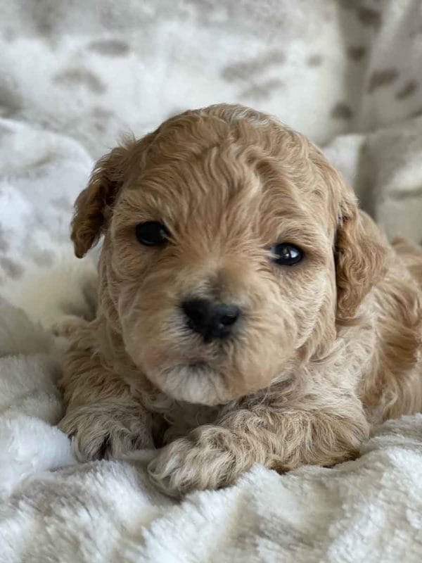 Precious Doodle Dogs, Labradoodle, doodle dog, labradoodle puppies for sale, labra, labradoodle for sale, Mini Doodle Dogs, miniature labradoodle, mini labradoodle, labradoodle puppy, how much is a labradoodle, labradoodle hypoallergenic, miniature labrador, mini labradoodle puppies for sale, labradoodle price, labradoodle shedding, labradoodle near me, miniature puppies for sale, white labradoodle, adult labradoodle, miniature labradoodle for sale, pictures of labradoodles, mini labradoodle puppies, miniature labradoodle puppies, red labradoodle, labradoodle breeders, labradoodle breeders near me, toy labradoodle, f1 labradoodle, small labradoodle, labradoodle for sale near me, golden labradoodle, miniature australian labradoodle, mini australian labradoodle, black labradoodle, labradoodle adoption, labradoodle dog, chocolate labradoodle puppies for sale, f1b labradoodle, labradoodle size, doodle puppies, mini doodle, how big do labradoodles get, brown labradoodle, chocolate labradoodle, mini labradoodle for sale, labradoodle puppies for sale near me, labradoodle cost, labradoodle temperament, labradoodle grooming, black and white labradoodle, mini australian labradoodle temperament, doodles for sale, mini doodle dog, australian labradoodle, full size labradoodle, shaved labradoodle, apricot labradoodle puppy, labradoodle austin, labradoodles austin texas, grown labradoodle, mini doodle breeds, labradoodle puppy cost, american labradoodle, labradoodle price range, f1b miniature labradoodle, labradoodles of long island, mini labradoodle near me, chocolate doodle puppies, labradoodle poodle, great doodle puppies, how big do mini labradoodles get, labradoodle names, are labradoodles smart, eden valley labradoodles, english manor labradoodles, red mini labradoodle, multigen labradoodle, labradoodle weight, labradoodle images, labradoodle cuts, miniture lab, labradoodle pics, labradoodle photos, mini golden labradoodle, miniature chocoalte lab, labradoodle personality, labradoodle facts, baby labradoodle, how much do labradoodles cost, caramel labradoodle, english labradoodle, labradoodles for sale, phantom labradoodle, labradoodle doodle, blue labradoodle, labradoodle colors, labradoodle hunting, labradoodle dog breeds, labradoodle allergies, pictures of labradoodle puppies, miniature lab for sale, lab and poodle mix, mini australian labradoodle cost, multigenerational labradoodle, lab poodle, mini doodles for sale, cute labradoodle, brown and white labradoodle, tiny goldendoodle, mini labradoodle price, f1 labradoodle puppy, brown labradoodle puppy, doodle dogs for sale, f1b mini labradoodle, medium labradoodle size, petite labradoodle, golden labradoodle puppy, black labradoodle puppies, best labradoodle breeders, mini labradoodle adoption, chocolate doodle, mini australian labradoodle, micro mini labradoodle, teacup labradoodle puppies for sale, mini labradoodle full grown, mini labradoodle size, mini australian labradoodle puppies for sale, parti labradoodle, mini chocolate labradoodle, f1 labradoodle puppies for sale, poodle labrador, mini australian doodle, labradoodle puppies for adoption, miniature labradoodle full grown, black miniature labradoodle , red labradoodle puppies, miniature chocolate labradoodle, mini labradoodles for sale near me, black labradoodle puppies for sale, micro labradoodle, chocolate australian labradoodle, apricot labradoodle, labradoodle mix, labradoodle info, australian labradoodle hypoallergenic, lab poodle mix puppy, adult mini labradoodle, family labradoodles, miniature labradoodle size, labradoodle puppies near me, cream labradoodle, chocolate labradoodle puppies, doodle puppies for sale, miniaure labradoodle for sale near me, teacup labradoodle, chocolate labradoodle for sale, chocolate mini labradoodle puppies for sale, miniature labradoodle breeders, silver labradoodle, black australian labradoodle, groodle puppies, mini labradoodle breeders, white labradoodle puppy, where to buy a labradoodle, black mini labradoodle, chocolate labradoodle puppies for sale near me, miniature labradoodle puppies for sale, labradoodle puppies price, labre doodle's, miniature labradoodle puppies, buy labradoodle, mini doodle puppies, mini labradoodle puppies for sale near me, mini labradoodle temperament, micro labradoodle puppies for sale, labradoodle information, golden labradoodle for sale, f1b labradoodle puppies for sale, toy labradoodle puppies for sale, how long do mini labradoodles live, chocolate and white labradoodle, labradoodle stud, labradoodle mini pup, what is a mini labradoodle, mini labradoodle images, mini poodle lab mix, what is a miniature labradoodle, labradoodle more lab than poodle, cute labradoodle puppies, miniature labradoodle puppies for sale, mini labrador breed, miniature labradoodle characteristics, images of miniature labradoodles, Mini Labradoodle Alabama, Mini Labradoodle Alaska, Mini Labradoodle Arizona, Mini Labradoodle Arkansas, Mini Labradoodle California, Mini Labradoodle Colorado, Mini Labradoodle Connecticut, Mini Labradoodle Delaware, Mini Labradoodle Florida, Mini Labradoodle Georgia, Mini Labradoodle Hawaii, Mini Labradoodle Idaho, Mini Labradoodle Illinois, Mini Labradoodle Indiana, Mini Labradoodle Iowa, Mini Labradoodle Kansas, Mini Labradoodle Kentucky, Mini Labradoodle Louisiana, Mini Labradoodle Maine, Mini Labradoodle Maryland, Mini Labradoodle Massachusetts, Mini Labradoodle Michigan, Mini Labradoodle Minnesota, Mini Labradoodle Mississippi, Mini Labradoodle Missouri, Mini Labradoodle Montana, Mini Labradoodle Nebraska, Mini Labradoodle Nevada, Mini Labradoodle New Hampshire, Mini Labradoodle New Jersey, Mini Labradoodle New Mexico, Mini Labradoodle New York, Mini Labradoodle North Carolina, Mini Labradoodle North Dakota, Mini Labradoodle Ohio, Mini Labradoodle Oklahoma, Mini Labradoodle Oregon, Mini Labradoodle Pennsylvania, Mini Labradoodle Rhode Island, Mini Labradoodle South Carolina, Mini Labradoodle South Dakota, Mini Labradoodle Tennessee, Mini Labradoodle Texas, Mini Labradoodle Utah, Mini Labradoodle Vermont, Mini Labradoodle Virginia, Mini Labradoodle Washington, Mini Labradoodle West Virginia, Mini Labradoodle Wisconsin, Mini Labradoodle Wyoming, Miniature Labradoodle Alabama, Miniature Labradoodle Alaska, Miniature Labradoodle Arizona, Miniature Labradoodle Arkansas, Miniature Labradoodle California, Miniature Labradoodle Colorado, Miniature Labradoodle Connecticut, Miniature Labradoodle Delaware, Miniature Labradoodle Florida, Miniature Labradoodle Georgia, Miniature Labradoodle Hawaii, Miniature Labradoodle Idaho, Miniature Labradoodle Illinois, Miniature Labradoodle Indiana, Miniature Labradoodle Iowa, Miniature Labradoodle Kansas, Miniature Labradoodle Kentucky, Miniature Labradoodle Louisiana, Miniature Labradoodle Maine, Miniature Labradoodle Maryland, Miniature Labradoodle Massachusetts, Miniature Labradoodle Michigan, Miniature Labradoodle Minnesota, Miniature Labradoodle Mississippi, Miniature Labradoodle Missouri, Miniature Labradoodle Montana, Miniature Labradoodle Nebraska, Miniature Labradoodle Nevada, Miniature Labradoodle New Hampshire, Miniature Labradoodle New Jersey, Miniature Labradoodle New Mexico, Miniature Labradoodle New York, Miniature Labradoodle North Carolina, Miniature Labradoodle North Dakota, Miniature Labradoodle Ohio, Miniature Labradoodle Oklahoma, Miniature Labradoodle Oregon, Miniature Labradoodle Pennsylvania, Miniature Labradoodle Rhode Island, Miniature Labradoodle South Carolina, Miniature Labradoodle South Dakota, Miniature Labradoodle Tennessee, Miniature Labradoodle Texas, Miniature Labradoodle Utah, Miniature Labradoodle Vermont, Miniature Labradoodle Virginia, Miniature Labradoodle Washington, Miniature Labradoodle West Virginia, Miniature Labradoodle Wisconsin, Miniature Labradoodle Wyoming, Mini Labradoodle puppies for sale Alabama, Mini Labradoodle puppies for sale Alaska, Mini Labradoodle puppies for sale Arizona, Mini Labradoodle puppies for sale Arkansas, Mini Labradoodle puppies for sale California, Mini Labradoodle puppies for sale Colorado, Mini Labradoodle puppies for sale Connecticut, Mini Labradoodle puppies for sale Delaware, Mini Labradoodle puppies for sale Florida, Mini Labradoodle puppies for sale Georgia, Mini Labradoodle puppies for sale Hawaii, Mini Labradoodle puppies for sale Idaho, Mini Labradoodle puppies for sale Illinois, Mini Labradoodle puppies for sale Indiana, Mini Labradoodle puppies for sale Iowa, Mini Labradoodle puppies for sale Kansas, Mini Labradoodle puppies for sale Kentucky, Mini Labradoodle puppies for sale Louisiana, Mini Labradoodle puppies for sale Maine, Mini Labradoodle puppies for sale Maryland, Mini Labradoodle puppies for sale Massachusetts, Mini Labradoodle puppies for sale Michigan, Mini Labradoodle puppies for sale Minnesota, Mini Labradoodle puppies for sale Mississippi, Mini Labradoodle puppies for sale Missouri, Mini Labradoodle puppies for sale Montana, Mini Labradoodle puppies for sale Nebraska, Mini Labradoodle puppies for sale Nevada, Mini Labradoodle puppies for sale New Hampshire, Mini Labradoodle puppies for sale New Jersey, Mini Labradoodle puppies for sale New Mexico, Mini Labradoodle puppies for sale New York, Mini Labradoodle puppies for sale North Carolina, Mini Labradoodle puppies for sale North Dakota, Mini Labradoodle puppies for sale Ohio, Mini Labradoodle puppies for sale Oklahoma, Mini Labradoodle puppies for sale Oregon, Mini Labradoodle puppies for sale Pennsylvania, Mini Labradoodle puppies for sale Rhode Island, Mini Labradoodle puppies for sale South Carolina, Mini Labradoodle puppies for sale South Dakota, Mini Labradoodle puppies for sale Tennessee, Mini Labradoodle puppies for sale Texas, Mini Labradoodle puppies for sale Utah, Mini Labradoodle puppies for sale Vermont, Mini Labradoodle puppies for sale Virginia, Mini Labradoodle puppies for sale Washington, Mini Labradoodle puppies for sale West Virginia, Mini Labradoodle puppies for sale Wisconsin, Mini Labradoodle puppies for sale Wyoming, Labradoodle puppies for sale Alabama, Labradoodle puppies for sale Alaska, Labradoodle puppies for sale Arizona, Labradoodle puppies for sale Arkansas, Labradoodle puppies for sale California, Labradoodle puppies for sale Colorado, Labradoodle puppies for sale Connecticut, Labradoodle puppies for sale Delaware, Labradoodle puppies for sale Florida, Labradoodle puppies for sale Georgia, Labradoodle puppies for sale Hawaii, Labradoodle puppies for sale Idaho, Labradoodle puppies for sale Illinois, Labradoodle puppies for sale Indiana, Labradoodle puppies for sale Iowa, Labradoodle puppies for sale Kansas, Labradoodle puppies for sale Kentucky, Labradoodle puppies for sale Louisiana, Labradoodle puppies for sale Maine, Labradoodle puppies for sale Maryland, Labradoodle puppies for sale Massachusetts, Labradoodle puppies for sale Michigan, Labradoodle puppies for sale Minnesota, Labradoodle puppies for sale Mississippi, Labradoodle puppies for sale Missouri, Labradoodle puppies for sale Montana, Labradoodle puppies for sale Nebraska, Labradoodle puppies for sale Nevada, Labradoodle puppies for sale New Hampshire, Labradoodle puppies for sale New Jersey, Labradoodle puppies for sale New Mexico, Labradoodle puppies for sale New York, Labradoodle puppies for sale North Carolina, Labradoodle puppies for sale North Dakota, Labradoodle puppies for sale Ohio, Labradoodle puppies for sale Oklahoma, Labradoodle puppies for sale Oregon, Labradoodle puppies for sale Pennsylvania, Labradoodle puppies for sale Rhode Island, Labradoodle puppies for sale South Carolina, Labradoodle puppies for sale South Dakota, Labradoodle puppies for sale Tennessee, Labradoodle puppies for sale Texas, Labradoodle puppies for sale Utah, Labradoodle puppies for sale Vermont, Labradoodle puppies for sale Virginia, Labradoodle puppies for sale Washington, Labradoodle puppies for sale West Virginia, Labradoodle puppies for sale Wisconsin, Labradoodle puppies for sale Wyoming, Labradoodles for sale in Alabama, Labradoodles for sale in Alaska, Labradoodles for sale in Arizona, Labradoodles for sale in Arkansas, Labradoodles for sale in California, Labradoodles for sale in Colorado, Labradoodles for sale in Connecticut, Labradoodles for sale in Delaware, Labradoodles for sale in Florida, Labradoodles for sale in Georgia, Labradoodles for sale in Hawaii, Labradoodles for sale in Idaho, Labradoodles for sale in Illinois, Labradoodles for sale in Indiana, Labradoodles for sale in Iowa, Labradoodles for sale in Kansas, Labradoodles for sale in Kentucky, Labradoodles for sale in Louisiana, Labradoodles for sale in Maine, Labradoodles for sale in Maryland, Labradoodles for sale in Massachusetts, Labradoodles for sale in Michigan, Labradoodles for sale in Minnesota, Labradoodles for sale in Mississippi, Labradoodles for sale in Missouri, Labradoodles for sale in Montana, Labradoodles for sale in Nebraska, Labradoodles for sale in Nevada, Labradoodles for sale in New Hampshire, Labradoodles for sale in New Jersey, Labradoodles for sale in New Mexico, Labradoodles for sale in New York, Labradoodles for sale in North Carolina, Labradoodles for sale in North Dakota, Labradoodles for sale in Ohio, Labradoodles for sale in Oklahoma, Labradoodles for sale in Oregon, Labradoodles for sale in Pennsylvania, Labradoodles for sale in Rhode Island, Labradoodles for sale in South Carolina, Labradoodles for sale in South Dakota, Labradoodles for sale in Tennessee, Labradoodles for sale in Texas, Labradoodles for sale in Utah, Labradoodles for sale in Vermont, Labradoodles for sale in Virginia, Labradoodles for sale in Washington, Labradoodles for sale in West Virginia, Labradoodles for sale in Wisconsin, Labradoodles for sale in Wyoming, Labradoodle Alabama, Labradoodle Alaska, Labradoodle Arizona, Labradoodle Arkansas, Labradoodle California, Labradoodle Colorado, Labradoodle Connecticut, Labradoodle Delaware, Labradoodle Florida, Labradoodle Georgia, Labradoodle Hawaii, Labradoodle Idaho, Labradoodle Illinois, Labradoodle Indiana, Labradoodle Iowa, Labradoodle Kansas, Labradoodle Kentucky, Labradoodle Louisiana, Labradoodle Maine, Labradoodle Maryland, Labradoodle Massachusetts, Labradoodle Michigan, Labradoodle Minnesota, Labradoodle Mississippi, Labradoodle Missouri, Labradoodle Montana, Labradoodle Nebraska, Labradoodle Nevada, Labradoodle New Hampshire, Labradoodle New Jersey, Labradoodle New Mexico, Labradoodle New York, Labradoodle North Carolina, Labradoodle North Dakota, Labradoodle Ohio, Labradoodle Oklahoma, Labradoodle Oregon, Labradoodle Pennsylvania, Labradoodle Rhode Island, Labradoodle South Carolina, Labradoodle South Dakota, Labradoodle Tennessee, Labradoodle Texas, Labradoodle Utah, Labradoodle Vermont, Labradoodle Virginia, Labradoodle Washington, Labradoodle West Virginia, Labradoodle Wisconsin, Labradoodle Wyoming, Labradoodle breeders Alabama, Labradoodle breeders Alaska, Labradoodle breeders Arizona, Labradoodle breeders Arkansas, Labradoodle breeders California, Labradoodle breeders Colorado, Labradoodle breeders Connecticut, Labradoodle breeders Delaware, Labradoodle breeders Florida, Labradoodle breeders Georgia, Labradoodle breeders Hawaii, Labradoodle breeders Idaho, Labradoodle breeders Illinois, Labradoodle breeders Indiana, Labradoodle breeders Iowa, Labradoodle breeders Kansas, Labradoodle breeders Kentucky, Labradoodle breeders Louisiana, Labradoodle breeders Maine, Labradoodle breeders Maryland, Labradoodle breeders Massachusetts, Labradoodle breeders Michigan, Labradoodle breeders Minnesota, Labradoodle breeders Mississippi, Labradoodle breeders Missouri, Labradoodle breeders Montana, Labradoodle breeders Nebraska, Labradoodle breeders Nevada, Labradoodle breeders New Hampshire, Labradoodle breeders New Jersey, Labradoodle breeders New Mexico, Labradoodle breeders New York, Labradoodle breeders North Carolina, Labradoodle breeders North Dakota, Labradoodle breeders Ohio, Labradoodle breeders Oklahoma, Labradoodle breeders Oregon, Labradoodle breeders Pennsylvania, Labradoodle breeders Rhode Island, Labradoodle breeders South Carolina, Labradoodle breeders South Dakota, Labradoodle breeders Tennessee, Labradoodle breeders Texas, Labradoodle breeders Utah, Labradoodle breeders Vermont, Labradoodle breeders Virginia, Labradoodle breeders Washington, Labradoodle breeders West Virginia, Labradoodle breeders Wisconsin, Labradoodle breeders Wyoming, Labradoodle puppies Alabama, Labradoodle puppies Alaska, Labradoodle puppies Arizona, Labradoodle puppies Arkansas, Labradoodle puppies California, Labradoodle puppies Colorado, Labradoodle puppies Connecticut, Labradoodle puppies Delaware, Labradoodle puppies Florida, Labradoodle puppies Georgia, Labradoodle puppies Hawaii, Labradoodle puppies Idaho, Labradoodle puppies Illinois, Labradoodle puppies Indiana, Labradoodle puppies Iowa, Labradoodle puppies Kansas, Labradoodle puppies Kentucky, Labradoodle puppies Louisiana, Labradoodle puppies Maine, Labradoodle puppies Maryland, Labradoodle puppies Massachusetts, Labradoodle puppies Michigan, Labradoodle puppies Minnesota, Labradoodle puppies Mississippi, Labradoodle puppies Missouri, Labradoodle puppies Montana, Labradoodle puppies Nebraska, Labradoodle puppies Nevada, Labradoodle puppies New Hampshire, Labradoodle puppies New Jersey, Labradoodle puppies New Mexico, Labradoodle puppies New York, Labradoodle puppies North Carolina, Labradoodle puppies North Dakota, Labradoodle puppies Ohio, Labradoodle puppies Oklahoma, Labradoodle puppies Oregon, Labradoodle puppies Pennsylvania, Labradoodle puppies Rhode Island, Labradoodle puppies South Carolina, Labradoodle puppies South Dakota, Labradoodle puppies Tennessee, Labradoodle puppies Texas, Labradoodle puppies Utah, Labradoodle puppies Vermont, Labradoodle puppies Virginia, Labradoodle puppies Washington, Labradoodle puppies West Virginia, Labradoodle puppies Wisconsin, Labradoodle puppies Wyoming, Toy Labradoodle Alabama, Toy Labradoodle Alaska, Toy Labradoodle Arizona, Toy Labradoodle Arkansas, Toy Labradoodle California, Toy Labradoodle Colorado, Toy Labradoodle Connecticut, Toy Labradoodle Delaware, Toy Labradoodle Florida, Toy Labradoodle Georgia, Toy Labradoodle Hawaii, Toy Labradoodle Idaho, Toy Labradoodle Illinois, Toy Labradoodle Indiana, Toy Labradoodle Iowa, Toy Labradoodle Kansas, Toy Labradoodle Kentucky, Toy Labradoodle Louisiana, Toy Labradoodle Maine, Toy Labradoodle Maryland, Toy Labradoodle Massachusetts, Toy Labradoodle Michigan, Toy Labradoodle Minnesota, Toy Labradoodle Mississippi, Toy Labradoodle Missouri, Toy Labradoodle Montana, Toy Labradoodle Nebraska, Toy Labradoodle Nevada, Toy Labradoodle New Hampshire, Toy Labradoodle New Jersey, Toy Labradoodle New Mexico, Toy Labradoodle New York, Toy Labradoodle North Carolina, Toy Labradoodle North Dakota, Toy Labradoodle Ohio, Toy Labradoodle Oklahoma, Toy Labradoodle Oregon, Toy Labradoodle Pennsylvania, Toy Labradoodle Rhode Island, Toy Labradoodle South Carolina, Toy Labradoodle South Dakota, Toy Labradoodle Tennessee, Toy Labradoodle Texas, Toy Labradoodle Utah, Toy Labradoodle Vermont, Toy Labradoodle Virginia, Toy Labradoodle Washington, Toy Labradoodle West Virginia, Toy Labradoodle Wisconsin, Toy Labradoodle Wyoming, Teacup Labradoodle Alabama, Teacup Labradoodle Alaska, Teacup Labradoodle Arizona, Teacup Labradoodle Arkansas, Teacup Labradoodle California, Teacup Labradoodle Colorado, Teacup Labradoodle Connecticut, Teacup Labradoodle Delaware, Teacup Labradoodle Florida, Teacup Labradoodle Georgia, Teacup Labradoodle Hawaii, Teacup Labradoodle Idaho, Teacup Labradoodle Illinois, Teacup Labradoodle Indiana, Teacup Labradoodle Iowa, Teacup Labradoodle Kansas, Teacup Labradoodle Kentucky, Teacup Labradoodle Louisiana, Teacup Labradoodle Maine, Teacup Labradoodle Maryland, Teacup Labradoodle Massachusetts, Teacup Labradoodle Michigan, Teacup Labradoodle Minnesota, Teacup Labradoodle Mississippi, Teacup Labradoodle Missouri, Teacup Labradoodle Montana, Teacup Labradoodle Nebraska, Teacup Labradoodle Nevada, Teacup Labradoodle New Hampshire, Teacup Labradoodle New Jersey, Teacup Labradoodle New Mexico, Teacup Labradoodle New York, Teacup Labradoodle North Carolina, Teacup Labradoodle North Dakota, Teacup Labradoodle Ohio, Teacup Labradoodle Oklahoma, Teacup Labradoodle Oregon, Teacup Labradoodle Pennsylvania, Teacup Labradoodle Rhode Island, Teacup Labradoodle South Carolina, Teacup Labradoodle South Dakota, Teacup Labradoodle Tennessee, Teacup Labradoodle Texas, Teacup Labradoodle Utah, Teacup Labradoodle Vermont, Teacup Labradoodle Virginia, Teacup Labradoodle Washington, Teacup Labradoodle West Virginia, Teacup Labradoodle Wisconsin, Teacup Labradoodle Wyoming