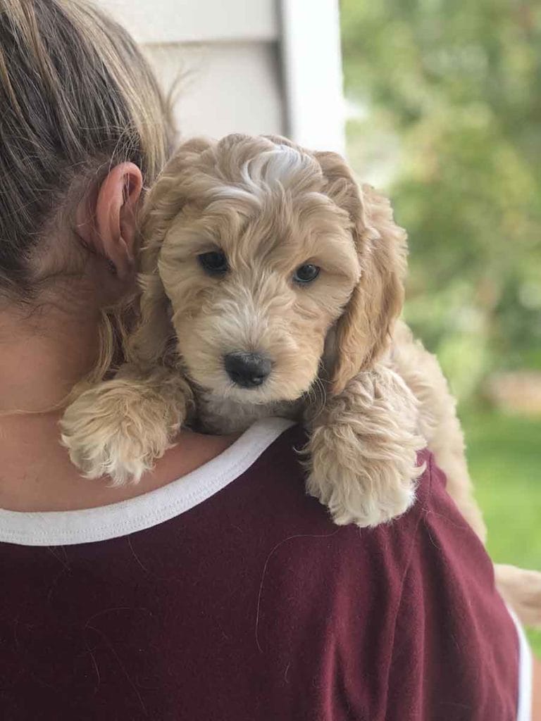 TEACUP GOLDENDOODLE PUPPIES, Precious Doodle Dogs, Teacup Doodle Dogs, Goldendoodle, Doodle Dog, Golden Doodle, Golden Doodle puppies, Golden Doodle Dogs, Puppy Golden Doodles, Puppy Goldendoodles, Golden Doodles, A Star is Born, A star is born goldendoodle, a star is born dog, Bradley Cooper's Dog, Bradley Cooper Dog, Bradley Cooper's Goldendoodle, Teddy Bear Goldendoodle, Teddy Bear Dog, Goldendoodle for sale, Goldendoodle puppies for sale, Miniature goldendoodle, goldendoodle puppies, mini goldendoodle, mini puppies, mini goldendoodle size, f1 goldendoodle, golden retriever poodle, chocolate goldendoodle, small doodles, goldendoodle temperament, goldendoodle colors, goldendoodle price, white goldendoodle, f2 goldendoodle, mini goldendoodle price, mini goldendoodle full grown, f1 mini goldendoodle, f1b goldendoodle, parti goldendoodle, goldendoodles near me, english goldendoodle, australian goldendoodle, red goldendoodle, doodle breeds, brown goldendoodle, goldendoodle cost, Precious Goldendoodle, Precious Golden Doodle, Precious Teacup Goldendoodle, adult mini goldendoodle, golden noodle dog, doodle dog breeds, miniature golden doodle, miniature puppies, golden retriever poodle mix, arizona goldendoodles, goldendoodle training, goldendoodle size, how big do mini goldendoodles get, goldendoodle full grown, baby goldendoodle, goldendoodle houston, golden doodles for sale, adult goldendoodle, apricot goldendoodle, goldendoodle grooming, mini golden doodles, goldendoodle shedding, f2b goldendoodle, goldendoodle hypoallergenic, goldendoodle names, english cream goldendoodle, golden retriever and poodle mix, mini goldendoodle puppies, micro goldendoodle, mini goldendoodle puppies for sale, miniature goldendoodle for sale, goldendoodle puppies for adoption, teddy bear goldendoodle, mini goldendoodle rescue, medium goldendoodle, black goldendoodle, mini goldendoodle for sale near me, goldendoodle puppies for sale near me, mini doodle, doodle puppies, mini goldendoodle for sale, goldendoodle breeders near me, miniature goldendoodle for sale near me, toy goldendoodle, petite goldendoodle, golden doodle dog, miniature goldendoodle puppies, mini goldendoodle puppies for sale near me, goldendoodles for sale near me, mini goldedoodle breeders, goldendoodle adoption, f1b mini goldendoodle, small goldendoodle, teacup goldendoodle, goldendoodle puppies near me, goldendoodle breeders, how to groom a goldendoodle, great doodle puppies, golden doodle mix, goldendoodle tampa, goldendoodle facts, white doodle dog, white goldendoodle puppy, mini goldendoodle maryland, country mini doodles, goldendoodle los angeles, toy labradoodle puppies for sale, types of goldendoodles, mini golden retriever puppies, golden goldendoodle, mini golden retriever puppies for sale, miniature australian goldendoodle, goldendoodle sacramento, goldendoodle omaha, labradoodle goldendoodle, f1 medium goldendoodle, BEST goldendoodles, pictures of mini goldendoodles, teacup goldendoodle full grown, micro mini goldendoodle full grown, toy goldendoodle price, goldendoodle chicago, retriever doodle, teacup goldendoodle puppies for sale, cute goldendoodle, mini teddy bear puppies, miniature goldendoodle full grown, f2 mini goldendoodle, goldendoodle spokane, mini goldendoodle chicago, micro mini goldendoodle, how nbig do miniature goldendoodles get, brown mini goldendoodle, mini doodle breeds, poodle doodle dog, what is a mini goldendoodle, black mini goldendoodle, mini irish doodle puppies for sale, f1b goldendoodle size, toy golden doodles, chocolate brown goldendoodle puppies for sale, petite goldendoodle full grown, goldendoodle behavior, american goldendoodle, f1b medium goldendoodle, goldendoodle puppy cost, cute goldendoodle puppies, goldendoodle indianapolis, teddy goldendoodle, mini goldendoodle weight, teddy bear golden doodles, f1b goldendoodle puppies for sale, miniature goldendoodle size, chocolate goldendoodle puppy, english cream mini goldendoodle, doodle puppies near me, red miniature goldendoodle, cream goldendoodle, goldendoodle puppy cut, mini goldendoodle hypoallergenic, dog breed goldendoodle, goldendoodle poodle mixes, goldendoodle allergies, goldendoodle info, sandy ridge goldendoodles, lakeshore goldendoodles, toy goldendoodle puppies for sale, labradoodle and goldendoodle, goldendoodle las vegas, goldendoodle phoenix, doodle breeders near me, miniature goldendoodle weight, black and white goldendoodle, sarasota goldendoodles, mini goldendoodle dallas, a goldendoodle, what is a goldendoodle, goldendoodle dallas, mini golden doodles for sale, ginger doodle puppy, how much does a mini goldendoodle cost, goldendoodle san antonio, goldendoodle photos, goldendoodle cuts, chocolate mini goldendoodle, all about goldendoodles, goldendoodle cincinnati, black doodle dog, goldendoodle weight, miniature goldendoodle breeders, goldendoodle information, miniature goldendoodle puppies for sale, doodle puppies for sale near me, black labradoodle puppies for sale, goldendoodle seattle, golden doodles near me, teacup goldendoodle for sale, golden retriever poodle puppy, goldendoodle rochester ny, goldendoodle and poodle mix, akc goldendoodle, goldendoodle kansas city, mini goldendoodle facts, goldendoodle austin, goldendoodle doodle, goldendoodle tulsa, curly goldendoodle, brown goldendoodle puppies, f1b labradoodle puppies for sale, red mini goldendoodle, goldendoodle poodle, chocolate goldendoodle for sale, tiny goldendoodle, goldendoodle puppies breeders, english goldendoodle puppies for sale, mini golden labradoodle, f1b mini teddy bear goldendoodles, red goldendoodle puppies for sale, miniature golden retriever breeders, f1 goldendoodles for sale, teacup goldendoodle puppies, toy mini goldendoodle, xs petite goldendoodle, f2 goldendoodle puppies for sale, mini goldendoodle cost, black goldendoodle for sale, english teddy bear goldendoodle, small doodle dogs, goldendoodle nashville, english goldendoodle puppies, golden retriever poodle mix for sale, red goldendoodle puppy, parti goldendoodles for sale, english cream goldendoodles for sale, doodle puppies for sale, golden retriever poodle mix puppies, goldendoodle tucson, f1b mini goldendoodle puppies for sale, mini goldendoodle breeders northeast, teddy bear goldendoodle, toy goldendoodle rescue, petite mini goldendoodle, goldendoodle stuff, mini goldendoodles near me, teddy bear goldendoodle puppies, f1 goldendoodle puppies, teddy bear goldendoodles for sale, silver goldendoodle, buy goldendoodle, mini golden doodle dog, teddy bear goldendoodles mini, micro mini goldendoodle puppies for sale, goldendoodle dogs for sale, best goldendoodle breeders, chocolate goldendoodle puppies for sale, doodle dogs for sale, toy goldendoodle puppies, mini doodle dog, toy goldendoodle breeders, doodles for sale, goldendoodle hypoallergenic dog, mini goldendoodle breeders near me, english goldendoodle breeders, f1b mini goldendoodle for sale, teacup goldendoodle price, petite goldendoodle for sale, mini english goldendoodle, mini goldendoodle info, miniature goldendoodle puppies for sale near me, black goldendoodle puppies for sale, f1 goldendoodle puppies for sale, Cavapoo, Cavapoo puppies, Teacup Cavapoo, Cavadoodle, Cava poo, Cava poodle, Mini Cavapoo puppy, Mini Cavapoo, Mini Doodle Dogs, Cavapoos, Cavapoo puppies for sale, Cavoodle puppies, Cavoodle, toy cavoodle, how big does a cavapoo get, how big do cavapoos get, what is a cavapoo, cavapoo puppies for sale near me, cavapoo breeders near me, cavoodle breeders near me, miniature cavoodle, cavapoo size, cavapoo puppies near me, teacup cavapoo, cava poo puppies, king charles spaniel, cavapoo breeders near me, cavapoo price, teacup cavapoo puppies for sale, red cavapoo, Labradoodle, doodle dog, labradoodle puppies for sale, labra, labradoodle for sale, Mini Doodle Dogs, miniature labradoodle, mini labradoodle, labradoodle puppy, how much is a labradoodle, labradoodle hypoallergenic, miniature labrador, mini labradoodle puppies for sale, labradoodle price, labradoodle shedding, labradoodle near me, miniature puppies for sale, white labradoodle, adult labradoodle, miniature labradoodle for sale, pictures of labradoodles, mini labradoodle puppies, miniature labradoodle puppies, red labradoodle, labradoodle breeders, labradoodle breeders near me, toy labradoodle, f1 labradoodle, small labradoodle, labradoodle for sale near me, golden labradoodle, miniature australian labradoodle, mini australian labradoodle, black labradoodle, labradoodle adoption, labradoodle dog, chocolate labradoodle puppies for sale, f1b labradoodle, labradoodle size, doodle puppies, mini doodle, how big do labradoodles get, brown labradoodle, chocolate labradoodle, mini labradoodle for sale, labradoodle puppies for sale near me, labradoodle cost, labradoodle temperament, labradoodle grooming, black and white labradoodle, mini australian labradoodle temperament, doodles for sale, mini doodle dog, australian labradoodle, full size labradoodle, shaved labradoodle, apricot labradoodle puppy, labradoodle austin, labradoodles austin texas, grown labradoodle, mini doodle breeds, labradoodle puppy cost, american labradoodle, labradoodle price range, f1b miniature labradoodle, labradoodles of long island, mini labradoodle near me, chocolate doodle puppies, labradoodle poodle, great doodle puppies, how big do mini labradoodles get, labradoodle names, are labradoodles smart, eden valley labradoodles, english manor labradoodles, red mini labradoodle, multigen labradoodle, labradoodle weight, labradoodle images, labradoodle cuts, miniture lab, labradoodle pics, labradoodle photos, mini golden labradoodle, miniature chocoalte lab, labradoodle personality, labradoodle facts, baby labradoodle, how much do labradoodles cost, caramel labradoodle, english labradoodle, labradoodles for sale, phantom labradoodle, labradoodle doodle, blue labradoodle, labradoodle colors, labradoodle hunting, labradoodle dog breeds, labradoodle allergies, pictures of labradoodle puppies, miniature lab for sale, lab and poodle mix, mini australian labradoodle cost, multigenerational labradoodle, lab poodle, mini doodles for sale, cute labradoodle, brown and white labradoodle, tiny goldendoodle, mini labradoodle price, f1 labradoodle puppy, brown labradoodle puppy, doodle dogs for sale, f1b mini labradoodle, medium labradoodle size, petite labradoodle, golden labradoodle puppy, black labradoodle puppies, best labradoodle breeders, mini labradoodle adoption, chocolate doodle, mini australian labradoodle, micro mini labradoodle, teacup labradoodle puppies for sale, mini labradoodle full grown, mini labradoodle size, mini australian labradoodle puppies for sale, parti labradoodle, mini chocolate labradoodle, f1 labradoodle puppies for sale, poodle labrador, mini australian doodle, labradoodle puppies for adoption, miniature labradoodle full grown, black miniature labradoodle , red labradoodle puppies, miniature chocolate labradoodle, mini labradoodles for sale near me, black labradoodle puppies for sale, micro labradoodle, chocolate australian labradoodle, apricot labradoodle, labradoodle mix, labradoodle info, australian labradoodle hypoallergenic, lab poodle mix puppy, adult mini labradoodle, family labradoodles, miniature labradoodle size, labradoodle puppies near me, cream labradoodle, chocolate labradoodle puppies, doodle puppies for sale, miniaure labradoodle for sale near me, teacup labradoodle, chocolate labradoodle for sale, chocolate mini labradoodle puppies for sale, miniature labradoodle breeders, silver labradoodle, black australian labradoodle, groodle puppies, mini labradoodle breeders, white labradoodle puppy, where to buy a labradoodle, black mini labradoodle, chocolate labradoodle puppies for sale near me, miniature labradoodle puppies for sale, labradoodle puppies price, labre doodle's, miniature labradoodle puppies, buy labradoodle, mini doodle puppies, mini labradoodle puppies for sale near me, mini labradoodle temperament, micro labradoodle puppies for sale, labradoodle information, golden labradoodle for sale, f1b labradoodle puppies for sale, toy labradoodle puppies for sale, how long do mini labradoodles live, chocolate and white labradoodle, labradoodle stud, labradoodle mini pup, what is a mini labradoodle, mini labradoodle images, mini poodle lab mix, what is a miniature labradoodle, labradoodle more lab than poodle, cute labradoodle puppies, miniature labradoodle puppies for sale, mini labrador breed, miniature labradoodle characteristics, images of miniature labradoodles,