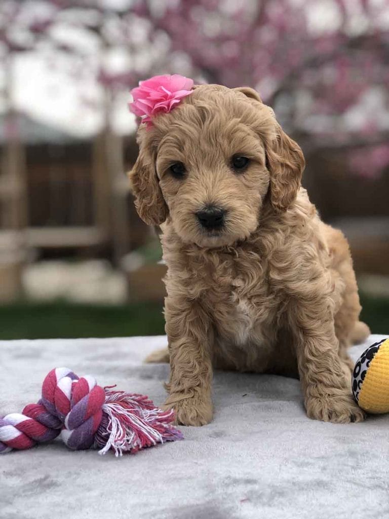 TEACUP GOLDENDOODLE PUPPIES, Precious Doodle Dogs, Teacup Doodle Dogs, Goldendoodle, Doodle Dog, Golden Doodle, Golden Doodle puppies, Golden Doodle Dogs, Puppy Golden Doodles, Puppy Goldendoodles, Golden Doodles, A Star is Born, A star is born goldendoodle, a star is born dog, Bradley Cooper's Dog, Bradley Cooper Dog, Bradley Cooper's Goldendoodle, Teddy Bear Goldendoodle, Teddy Bear Dog, Goldendoodle for sale, Goldendoodle puppies for sale, Miniature goldendoodle, goldendoodle puppies, mini goldendoodle, mini puppies, mini goldendoodle size, f1 goldendoodle, golden retriever poodle, chocolate goldendoodle, small doodles, goldendoodle temperament, goldendoodle colors, goldendoodle price, white goldendoodle, f2 goldendoodle, mini goldendoodle price, mini goldendoodle full grown, f1 mini goldendoodle, f1b goldendoodle, parti goldendoodle, goldendoodles near me, english goldendoodle, australian goldendoodle, red goldendoodle, doodle breeds, brown goldendoodle, goldendoodle cost, Precious Goldendoodle, Precious Golden Doodle, Precious Teacup Goldendoodle, adult mini goldendoodle, golden noodle dog, doodle dog breeds, miniature golden doodle, miniature puppies, golden retriever poodle mix, arizona goldendoodles, goldendoodle training, goldendoodle size, how big do mini goldendoodles get, goldendoodle full grown, baby goldendoodle, goldendoodle houston, golden doodles for sale, adult goldendoodle, apricot goldendoodle, goldendoodle grooming, mini golden doodles, goldendoodle shedding, f2b goldendoodle, goldendoodle hypoallergenic, goldendoodle names, english cream goldendoodle, golden retriever and poodle mix, mini goldendoodle puppies, micro goldendoodle, mini goldendoodle puppies for sale, miniature goldendoodle for sale, goldendoodle puppies for adoption, teddy bear goldendoodle, mini goldendoodle rescue, medium goldendoodle, black goldendoodle, mini goldendoodle for sale near me, goldendoodle puppies for sale near me, mini doodle, doodle puppies, mini goldendoodle for sale, goldendoodle breeders near me, miniature goldendoodle for sale near me, toy goldendoodle, petite goldendoodle, golden doodle dog, miniature goldendoodle puppies, mini goldendoodle puppies for sale near me, goldendoodles for sale near me, mini goldedoodle breeders, goldendoodle adoption, f1b mini goldendoodle, small goldendoodle, teacup goldendoodle, goldendoodle puppies near me, goldendoodle breeders, how to groom a goldendoodle, great doodle puppies, golden doodle mix, goldendoodle tampa, goldendoodle facts, white doodle dog, white goldendoodle puppy, mini goldendoodle maryland, country mini doodles, goldendoodle los angeles, toy labradoodle puppies for sale, types of goldendoodles, mini golden retriever puppies, golden goldendoodle, mini golden retriever puppies for sale, miniature australian goldendoodle, goldendoodle sacramento, goldendoodle omaha, labradoodle goldendoodle, f1 medium goldendoodle, BEST goldendoodles, pictures of mini goldendoodles, teacup goldendoodle full grown, micro mini goldendoodle full grown, toy goldendoodle price, goldendoodle chicago, retriever doodle, teacup goldendoodle puppies for sale, cute goldendoodle, mini teddy bear puppies, miniature goldendoodle full grown, f2 mini goldendoodle, goldendoodle spokane, mini goldendoodle chicago, micro mini goldendoodle, how nbig do miniature goldendoodles get, brown mini goldendoodle, mini doodle breeds, poodle doodle dog, what is a mini goldendoodle, black mini goldendoodle, mini irish doodle puppies for sale, f1b goldendoodle size, toy golden doodles, chocolate brown goldendoodle puppies for sale, petite goldendoodle full grown, goldendoodle behavior, american goldendoodle, f1b medium goldendoodle, goldendoodle puppy cost, cute goldendoodle puppies, goldendoodle indianapolis, teddy goldendoodle, mini goldendoodle weight, teddy bear golden doodles, f1b goldendoodle puppies for sale, miniature goldendoodle size, chocolate goldendoodle puppy, english cream mini goldendoodle, doodle puppies near me, red miniature goldendoodle, cream goldendoodle, goldendoodle puppy cut, mini goldendoodle hypoallergenic, dog breed goldendoodle, goldendoodle poodle mixes, goldendoodle allergies, goldendoodle info, sandy ridge goldendoodles, lakeshore goldendoodles, toy goldendoodle puppies for sale, labradoodle and goldendoodle, goldendoodle las vegas, goldendoodle phoenix, doodle breeders near me, miniature goldendoodle weight, black and white goldendoodle, sarasota goldendoodles, mini goldendoodle dallas, a goldendoodle, what is a goldendoodle, goldendoodle dallas, mini golden doodles for sale, ginger doodle puppy, how much does a mini goldendoodle cost, goldendoodle san antonio, goldendoodle photos, goldendoodle cuts, chocolate mini goldendoodle, all about goldendoodles, goldendoodle cincinnati, black doodle dog, goldendoodle weight, miniature goldendoodle breeders, goldendoodle information, miniature goldendoodle puppies for sale, doodle puppies for sale near me, black labradoodle puppies for sale, goldendoodle seattle, golden doodles near me, teacup goldendoodle for sale, golden retriever poodle puppy, goldendoodle rochester ny, goldendoodle and poodle mix, akc goldendoodle, goldendoodle kansas city, mini goldendoodle facts, goldendoodle austin, goldendoodle doodle, goldendoodle tulsa, curly goldendoodle, brown goldendoodle puppies, f1b labradoodle puppies for sale, red mini goldendoodle, goldendoodle poodle, chocolate goldendoodle for sale, tiny goldendoodle, goldendoodle puppies breeders, english goldendoodle puppies for sale, mini golden labradoodle, f1b mini teddy bear goldendoodles, red goldendoodle puppies for sale, miniature golden retriever breeders, f1 goldendoodles for sale, teacup goldendoodle puppies, toy mini goldendoodle, xs petite goldendoodle, f2 goldendoodle puppies for sale, mini goldendoodle cost, black goldendoodle for sale, english teddy bear goldendoodle, small doodle dogs, goldendoodle nashville, english goldendoodle puppies, golden retriever poodle mix for sale, red goldendoodle puppy, parti goldendoodles for sale, english cream goldendoodles for sale, doodle puppies for sale, golden retriever poodle mix puppies, goldendoodle tucson, f1b mini goldendoodle puppies for sale, mini goldendoodle breeders northeast, teddy bear goldendoodle, toy goldendoodle rescue, petite mini goldendoodle, goldendoodle stuff, mini goldendoodles near me, teddy bear goldendoodle puppies, f1 goldendoodle puppies, teddy bear goldendoodles for sale, silver goldendoodle, buy goldendoodle, mini golden doodle dog, teddy bear goldendoodles mini, micro mini goldendoodle puppies for sale, goldendoodle dogs for sale, best goldendoodle breeders, chocolate goldendoodle puppies for sale, doodle dogs for sale, toy goldendoodle puppies, mini doodle dog, toy goldendoodle breeders, doodles for sale, goldendoodle hypoallergenic dog, mini goldendoodle breeders near me, english goldendoodle breeders, f1b mini goldendoodle for sale, teacup goldendoodle price, petite goldendoodle for sale, mini english goldendoodle, mini goldendoodle info, miniature goldendoodle puppies for sale near me, black goldendoodle puppies for sale, f1 goldendoodle puppies for sale, Cavapoo, Cavapoo puppies, Teacup Cavapoo, Cavadoodle, Cava poo, Cava poodle, Mini Cavapoo puppy, Mini Cavapoo, Mini Doodle Dogs, Cavapoos, Cavapoo puppies for sale, Cavoodle puppies, Cavoodle, toy cavoodle, how big does a cavapoo get, how big do cavapoos get, what is a cavapoo, cavapoo puppies for sale near me, cavapoo breeders near me, cavoodle breeders near me, miniature cavoodle, cavapoo size, cavapoo puppies near me, teacup cavapoo, cava poo puppies, king charles spaniel, cavapoo breeders near me, cavapoo price, teacup cavapoo puppies for sale, red cavapoo, Labradoodle, doodle dog, labradoodle puppies for sale, labra, labradoodle for sale, Mini Doodle Dogs, miniature labradoodle, mini labradoodle, labradoodle puppy, how much is a labradoodle, labradoodle hypoallergenic, miniature labrador, mini labradoodle puppies for sale, labradoodle price, labradoodle shedding, labradoodle near me, miniature puppies for sale, white labradoodle, adult labradoodle, miniature labradoodle for sale, pictures of labradoodles, mini labradoodle puppies, miniature labradoodle puppies, red labradoodle, labradoodle breeders, labradoodle breeders near me, toy labradoodle, f1 labradoodle, small labradoodle, labradoodle for sale near me, golden labradoodle, miniature australian labradoodle, mini australian labradoodle, black labradoodle, labradoodle adoption, labradoodle dog, chocolate labradoodle puppies for sale, f1b labradoodle, labradoodle size, doodle puppies, mini doodle, how big do labradoodles get, brown labradoodle, chocolate labradoodle, mini labradoodle for sale, labradoodle puppies for sale near me, labradoodle cost, labradoodle temperament, labradoodle grooming, black and white labradoodle, mini australian labradoodle temperament, doodles for sale, mini doodle dog, australian labradoodle, full size labradoodle, shaved labradoodle, apricot labradoodle puppy, labradoodle austin, labradoodles austin texas, grown labradoodle, mini doodle breeds, labradoodle puppy cost, american labradoodle, labradoodle price range, f1b miniature labradoodle, labradoodles of long island, mini labradoodle near me, chocolate doodle puppies, labradoodle poodle, great doodle puppies, how big do mini labradoodles get, labradoodle names, are labradoodles smart, eden valley labradoodles, english manor labradoodles, red mini labradoodle, multigen labradoodle, labradoodle weight, labradoodle images, labradoodle cuts, miniture lab, labradoodle pics, labradoodle photos, mini golden labradoodle, miniature chocoalte lab, labradoodle personality, labradoodle facts, baby labradoodle, how much do labradoodles cost, caramel labradoodle, english labradoodle, labradoodles for sale, phantom labradoodle, labradoodle doodle, blue labradoodle, labradoodle colors, labradoodle hunting, labradoodle dog breeds, labradoodle allergies, pictures of labradoodle puppies, miniature lab for sale, lab and poodle mix, mini australian labradoodle cost, multigenerational labradoodle, lab poodle, mini doodles for sale, cute labradoodle, brown and white labradoodle, tiny goldendoodle, mini labradoodle price, f1 labradoodle puppy, brown labradoodle puppy, doodle dogs for sale, f1b mini labradoodle, medium labradoodle size, petite labradoodle, golden labradoodle puppy, black labradoodle puppies, best labradoodle breeders, mini labradoodle adoption, chocolate doodle, mini australian labradoodle, micro mini labradoodle, teacup labradoodle puppies for sale, mini labradoodle full grown, mini labradoodle size, mini australian labradoodle puppies for sale, parti labradoodle, mini chocolate labradoodle, f1 labradoodle puppies for sale, poodle labrador, mini australian doodle, labradoodle puppies for adoption, miniature labradoodle full grown, black miniature labradoodle , red labradoodle puppies, miniature chocolate labradoodle, mini labradoodles for sale near me, black labradoodle puppies for sale, micro labradoodle, chocolate australian labradoodle, apricot labradoodle, labradoodle mix, labradoodle info, australian labradoodle hypoallergenic, lab poodle mix puppy, adult mini labradoodle, family labradoodles, miniature labradoodle size, labradoodle puppies near me, cream labradoodle, chocolate labradoodle puppies, doodle puppies for sale, miniaure labradoodle for sale near me, teacup labradoodle, chocolate labradoodle for sale, chocolate mini labradoodle puppies for sale, miniature labradoodle breeders, silver labradoodle, black australian labradoodle, groodle puppies, mini labradoodle breeders, white labradoodle puppy, where to buy a labradoodle, black mini labradoodle, chocolate labradoodle puppies for sale near me, miniature labradoodle puppies for sale, labradoodle puppies price, labre doodle's, miniature labradoodle puppies, buy labradoodle, mini doodle puppies, mini labradoodle puppies for sale near me, mini labradoodle temperament, micro labradoodle puppies for sale, labradoodle information, golden labradoodle for sale, f1b labradoodle puppies for sale, toy labradoodle puppies for sale, how long do mini labradoodles live, chocolate and white labradoodle, labradoodle stud, labradoodle mini pup, what is a mini labradoodle, mini labradoodle images, mini poodle lab mix, what is a miniature labradoodle, labradoodle more lab than poodle, cute labradoodle puppies, miniature labradoodle puppies for sale, mini labrador breed, miniature labradoodle characteristics, images of miniature labradoodles,