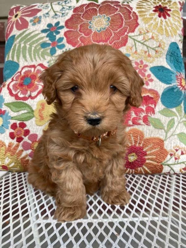 Dante - Teacup Goldendoodle Boy - Image 2