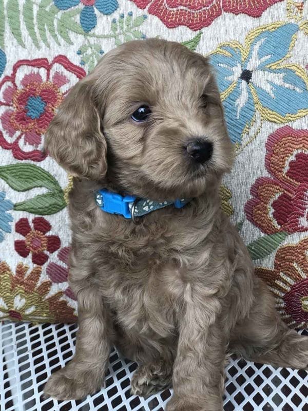 Goldendoodle, mini goldendoodle, goldendoodle puppies, goldendoodle doodle, goldendoodle puppies for sale, miniature goldendoodle, goldendoodle for sale, f1b goldendoodle, mini goldendoodle for sale, mini doodle, goldendoodle adoption, goldendoodle puppies for sale near me, black goldendoodle, f1 goldendoodle, mini goldendoodle puppies, teacup goldendoodle, goldendoodle price, f1b mini goldendoodle, goldendoodle breeders, doodle breeders, goldendoodles for sale near me, goldendoodles for adoption, goldendoodles near me, goldendoodle hypoallergenic, goldendoodle breeder, double doodles, mini golden doodle, goldendoodle labradoodle, doodle breeder, goldendoodle hair, Precious Doodle Dogs, Teacup Doodle Dogs,