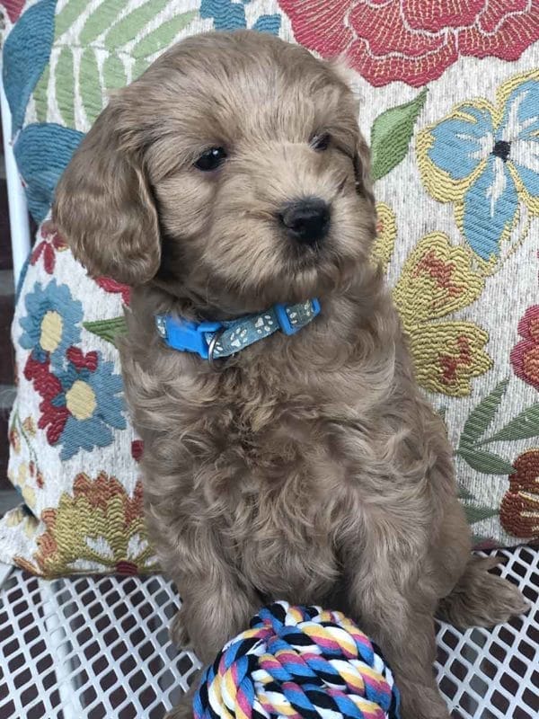Goldendoodle, mini goldendoodle, goldendoodle puppies, goldendoodle doodle, goldendoodle puppies for sale, miniature goldendoodle, goldendoodle for sale, f1b goldendoodle, mini goldendoodle for sale, mini doodle, goldendoodle adoption, goldendoodle puppies for sale near me, black goldendoodle, f1 goldendoodle, mini goldendoodle puppies, teacup goldendoodle, goldendoodle price, f1b mini goldendoodle, goldendoodle breeders, doodle breeders, goldendoodles for sale near me, goldendoodles for adoption, goldendoodles near me, goldendoodle hypoallergenic, goldendoodle breeder, double doodles, mini golden doodle, goldendoodle labradoodle, doodle breeder, goldendoodle hair, Precious Doodle Dogs, Teacup Doodle Dogs,