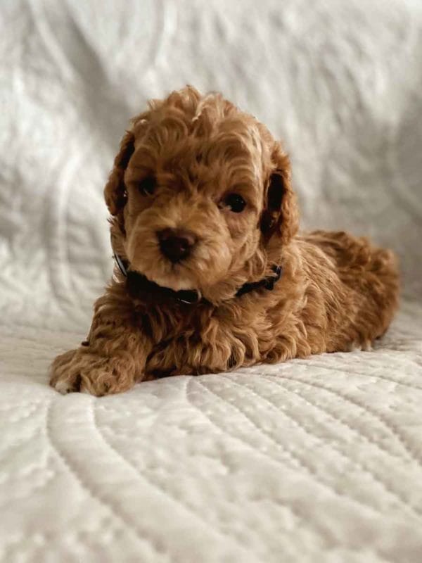 TEACUP GOLDENDOODLE PUPPIES, Precious Doodle Dogs, Teacup Doodle Dogs, Goldendoodle, Doodle Dog, Golden Doodles, Goldendoodle for sale, Goldendoodle puppies for sale, Miniature goldendoodle, goldendoodle puppies, mini goldendoodle, mini puppies, mini goldendoodle size, Mini Doodle Dogs, f1 goldendoodle, golden retriever poodle, chocolate goldendoodle, small doodles, goldendoodle temperament, goldendoodle colors, goldendoodle price, white goldendoodle, f2 goldendoodle, mini goldendoodle price, mini goldendoodle full grown, f1 mini goldendoodle, f1b goldendoodle, parti goldendoodle, goldendoodles near me, english goldendoodle, australian goldendoodle, red goldendoodle, doodle breeds, brown goldendoodle, goldendoodle cost, adult mini goldendoodle, golden noodle dog, doodle dog breeds, miniature golden doodle, miniature puppies, golden retriever poodle mix, A Star is Born, A star is born goldendoodle, a star is born dog, Bradley Cooper's Dog, Bradley Cooper Dog, Bradley Cooper's Goldendoodle, arizona goldendoodle