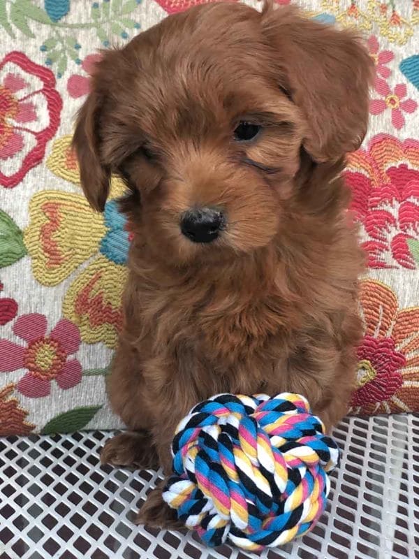 Trixie - Teacup Goldendoodle Girl - Image 7