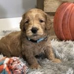 TEACUP GOLDENDOODLE PUPPIES, Precious Doodle Dogs, Teacup Doodle Dogs, Goldendoodle, Doodle Dog, Golden Doodles, Goldendoodle for sale, Goldendoodle puppies for sale, Miniature goldendoodle, goldendoodle puppies, mini goldendoodle, mini puppies, mini goldendoodle size, Mini Doodle Dogs, f1 goldendoodle, golden retriever poodle, chocolate goldendoodle, small doodles, goldendoodle temperament, goldendoodle colors, goldendoodle price, white goldendoodle, f2 goldendoodle, mini goldendoodle price, mini goldendoodle full grown, f1 mini goldendoodle, f1b goldendoodle, parti goldendoodle, goldendoodles near me, english goldendoodle, australian goldendoodle, red goldendoodle, doodle breeds, brown goldendoodle, goldendoodle cost, adult mini goldendoodle, golden noodle dog, doodle dog breeds, miniature golden doodle, miniature puppies, golden retriever poodle mix, A Star is Born, A star is born goldendoodle, a star is born dog, Bradley Cooper's Dog, Bradley Cooper Dog, Bradley Cooper's Goldendoodle, arizona goldendoodles, goldendoodle training, goldendoodle size, how big do mini goldendoodles get, goldendoodle full grown, baby goldendoodle, goldendoodle houston, golden doodles for sale, adult goldendoodle, apricot goldendoodle, goldendoodle grooming, mini golden doodles, goldendoodle shedding, f2b goldendoodle, goldendoodle hypoallergenic, goldendoodle names, english cream goldendoodle, golden retriever and poodle mix, mini goldendoodle puppies, micro goldendoodle, mini goldendoodle puppies for sale, miniature goldendoodle for sale, goldendoodle puppies for adoption, teddy bear goldendoodle, mini goldendoodle rescue, medium goldendoodle, black goldendoodle, mini goldendoodle for sale near me, goldendoodle puppies for sale near me, mini doodle, doodle puppies, mini goldendoodle for sale, goldendoodle breeders near me, miniature goldendoodle for sale near me, toy goldendoodle, petite goldendoodle, golden doodle dog, miniature goldendoodle puppies, mini goldendoodle puppies for sale near me, goldendoodles for sale near me, mini goldedoodle breeders, goldendoodle adoption, f1b mini goldendoodle, small goldendoodle, teacup goldendoodle, goldendoodle puppies near me, goldendoodle breeders, how to groom a goldendoodle, great doodle puppies, golden doodle mix, goldendoodle tampa, goldendoodle facts, white doodle dog, white goldendoodle puppy, mini goldendoodle maryland, country mini doodles, goldendoodle los angeles, toy labradoodle puppies for sale, types of goldendoodles, mini golden retriever puppies, golden goldendoodle, mini golden retriever puppies for sale, miniature australian goldendoodle, goldendoodle sacramento, goldendoodle omaha, labradoodle goldendoodle, f1 medium goldendoodle, BEST goldendoodles, pictures of mini goldendoodles, teacup goldendoodle full grown, micro mini goldendoodle full grown, toy goldendoodle price, goldendoodle chicago, retriever doodle, teacup goldendoodle puppies for sale, cute goldendoodle, mini teddy bear puppies, miniature goldendoodle full grown, f2 mini goldendoodle, goldendoodle spokane, mini goldendoodle chicago, micro mini goldendoodle, how nbig do miniature goldendoodles get, brown mini goldendoodle, mini doodle breeds, poodle doodle dog, what is a mini goldendoodle, black mini goldendoodle, mini irish doodle puppies for sale, f1b goldendoodle size, toy golden doodles, chocolate brown goldendoodle puppies for sale, petite goldendoodle full grown, goldendoodle behavior, american goldendoodle, f1b medium goldendoodle, goldendoodle puppy cost, cute goldendoodle puppies, goldendoodle indianapolis, teddy goldendoodle, mini goldendoodle weight, teddy bear golden doodles, f1b goldendoodle puppies for sale, miniature goldendoodle size, chocolate goldendoodle puppy, english cream mini goldendoodle, doodle puppies near me, red miniature goldendoodle, cream goldendoodle, goldendoodle puppy cut, mini goldendoodle hypoallergenic, dog breed goldendoodle, goldendoodle poodle mixes, goldendoodle allergies, goldendoodle info, sandy ridge goldendoodles, lakeshore goldendoodles, toy goldendoodle puppies for sale, labradoodle and goldendoodle, goldendoodle las vegas, goldendoodle phoenix, doodle breeders near me, miniature goldendoodle weight, black and white goldendoodle, sarasota goldendoodles, mini goldendoodle dallas, a goldendoodle, what is a goldendoodle, goldendoodle dallas, mini golden doodles for sale, ginger doodle puppy, how much does a mini goldendoodle cost, goldendoodle san antonio, goldendoodle photos, goldendoodle cuts, chocolate mini goldendoodle, all about goldendoodles, goldendoodle cincinnati, black doodle dog, goldendoodle weight, miniature goldendoodle breeders, goldendoodle information, miniature goldendoodle puppies for sale, doodle puppies for sale near me, black labradoodle puppies for sale, goldendoodle seattle, golden doodles near me, teacup goldendoodle for sale, golden retriever poodle puppy, goldendoodle rochester ny, goldendoodle and poodle mix, akc goldendoodle, goldendoodle kansas city, mini goldendoodle facts, goldendoodle austin, goldendoodle doodle, goldendoodle tulsa, curly goldendoodle, brown goldendoodle puppies, f1b labradoodle puppies for sale, red mini goldendoodle, goldendoodle poodle, chocolate goldendoodle for sale, tiny goldendoodle, goldendoodle puppies breeders, english goldendoodle puppies for sale, mini golden labradoodle, f1b mini teddy bear goldendoodles, red goldendoodle puppies for sale, miniature golden retriever breeders, f1 goldendoodles for sale, teacup goldendoodle puppies, toy mini goldendoodle, xs petite goldendoodle, f2 goldendoodle puppies for sale, mini goldendoodle cost, black goldendoodle for sale, english teddy bear goldendoodle, small doodle dogs, goldendoodle nashville, english goldendoodle puppies, golden retriever poodle mix for sale, red goldendoodle puppy, parti goldendoodles for sale, english cream goldendoodles for sale, doodle puppies for sale, golden retriever poodle mix puppies, goldendoodle tucson, f1b mini goldendoodle puppies for sale, mini goldendoodle breeders northeast, teddy bear goldendoodle, toy goldendoodle rescue, petite mini goldendoodle, goldendoodle stuff, mini goldendoodles near me, teddy bear goldendoodle puppies, f1 goldendoodle puppies, teddy bear goldendoodles for sale, silver goldendoodle, buy goldendoodle, mini golden doodle dog, teddy bear goldendoodles mini, micro mini goldendoodle puppies for sale, goldendoodle dogs for sale, best goldendoodle breeders, chocolate goldendoodle puppies for sale, doodle dogs for sale, toy goldendoodle puppies, mini doodle dog, toy goldendoodle breeders, doodles for sale, goldendoodle hypoallergenic dog, mini goldendoodle breeders near me, english goldendoodle breeders, f1b mini goldendoodle for sale, teacup goldendoodle price, petite goldendoodle for sale, mini english goldendoodle, mini goldendoodle info, miniature goldendoodle puppies for sale near me, black goldendoodle puppies for sale, f1 goldendoodle puppies for sale, Teacup Goldendoodles AL, Teacup Goldendoodles AK, Teacup Goldendoodles AZ, Teacup Goldendoodles AR, Teacup Goldendoodles CA, Teacup Goldendoodles CO, Teacup Goldendoodles CT, Teacup Goldendoodles DE, Teacup Goldendoodles FL, Teacup Goldendoodles GA, Teacup Goldendoodles HI, Teacup Goldendoodles ID, Teacup Goldendoodles IL, Teacup Goldendoodles IN, Teacup Goldendoodles IA, Teacup Goldendoodles KS, Teacup Goldendoodles KY, Teacup Goldendoodles LA, Teacup Goldendoodles ME, Teacup Goldendoodles MD, Teacup Goldendoodles MA, Teacup Goldendoodles MI, Teacup Goldendoodles MN, Teacup Goldendoodles MS, Teacup Goldendoodles MO, Teacup Goldendoodles MT, Teacup Goldendoodles NE, Teacup Goldendoodles NV, Teacup Goldendoodles NH, Teacup Goldendoodles NJ, Teacup Goldendoodles NM, Teacup Goldendoodles NY, Teacup Goldendoodles NC, Teacup Goldendoodles ND, Teacup Goldendoodles OH, Teacup Goldendoodles OK, Teacup Goldendoodles OR, Teacup Goldendoodles PA, Teacup Goldendoodles RI, Teacup Goldendoodles SC, Teacup Goldendoodles SD, Teacup Goldendoodles TN, Teacup Goldendoodles TX, Teacup Goldendoodles UT, Teacup Goldendoodles VT, Teacup Goldendoodles VA, Teacup Goldendoodles WA, Teacup Goldendoodles WV, Teacup Goldendoodles WI, Teacup Goldendoodles WY, Teacup Golden Doodles AL, Teacup Golden Doodles AK, Teacup Golden Doodles AZ, Teacup Golden Doodles AR, Teacup Golden Doodles CA, Teacup Golden Doodles CO, Teacup Golden Doodles CT, Teacup Golden Doodles DE, Teacup Golden Doodles FL, Teacup Golden Doodles GA, Teacup Golden Doodles HI, Teacup Golden Doodles ID, Teacup Golden Doodles IL, Teacup Golden Doodles IN, Teacup Golden Doodles IA, Teacup Golden Doodles KS, Teacup Golden Doodles KY, Teacup Golden Doodles LA, Teacup Golden Doodles ME, Teacup Golden Doodles MD, Teacup Golden Doodles MA, Teacup Golden Doodles MI, Teacup Golden Doodles MN, Teacup Golden Doodles MS, Teacup Golden Doodles MO, Teacup Golden Doodles MT, Teacup Golden Doodles NE, Teacup Golden Doodles NV, Teacup Golden Doodles NH, Teacup Golden Doodles NJ, Teacup Golden Doodles NM, Teacup Golden Doodles NY, Teacup Golden Doodles NC, Teacup Golden Doodles ND, Teacup Golden Doodles OH, Teacup Golden Doodles OK, Teacup Golden Doodles OR, Teacup Golden Doodles PA, Teacup Golden Doodles RI, Teacup Golden Doodles SC, Teacup Golden Doodles SD, Teacup Golden Doodles TN, Teacup Golden Doodles TX, Teacup Golden Doodles UT, Teacup Golden Doodles VT, Teacup Golden Doodles VA, Teacup Golden Doodles WA, Teacup Golden Doodles WV, Teacup Golden Doodles WI, Teacup Golden Doodles WY, Toy Goldendoodle Alabama, Toy Goldendoodle Alaska, Toy Goldendoodle Arizona, Toy Goldendoodle Arkansas, Toy Goldendoodle California, Toy Goldendoodle Colorado, Toy Goldendoodle Connecticut, Toy Goldendoodle Delaware, Toy Goldendoodle Florida, Toy Goldendoodle Georgia, Toy Goldendoodle Hawaii, Toy Goldendoodle Idaho, Toy Goldendoodle Illinois, Toy Goldendoodle Indiana, Toy Goldendoodle Iowa, Toy Goldendoodle Kansas, Toy Goldendoodle Kentucky, Toy Goldendoodle Louisiana, Toy Goldendoodle Maine, Toy Goldendoodle Maryland, Toy Goldendoodle Massachusetts, Toy Goldendoodle Michigan, Toy Goldendoodle Minnesota, Toy Goldendoodle Mississippi, Toy Goldendoodle Missouri, Toy Goldendoodle Montana, Toy Goldendoodle Nebraska, Toy Goldendoodle Nevada, Toy Goldendoodle New Hampshire, Toy Goldendoodle New Jersey, Toy Goldendoodle New Mexico, Toy Goldendoodle New York, Toy Goldendoodle North Carolina, Toy Goldendoodle North Dakota, Toy Goldendoodle Ohio, Toy Goldendoodle Oklahoma, Toy Goldendoodle Oregon, Toy Goldendoodle Pennsylvania, Toy Goldendoodle Rhode Island, Toy Goldendoodle South Carolina, Toy Goldendoodle South Dakota, Toy Goldendoodle Tennessee, Toy Goldendoodle Texas, Toy Goldendoodle Utah, Toy Goldendoodle Vermont, Toy Goldendoodle Virginia, Toy Goldendoodle Washington, Toy Goldendoodle West Virginia, Toy Goldendoodle Wisconsin, Toy Goldendoodle Wyoming, Mini Goldendoodle puppies for sale in AL, Mini Goldendoodle puppies for sale in AK, Mini Goldendoodle puppies for sale in AZ, Mini Goldendoodle puppies for sale in AR, Mini Goldendoodle puppies for sale in CA, Mini Goldendoodle puppies for sale in CO, Mini Goldendoodle puppies for sale in CT, Mini Goldendoodle puppies for sale in DE, Mini Goldendoodle puppies for sale in FL, Mini Goldendoodle puppies for sale in GA, Mini Goldendoodle puppies for sale in HI, Mini Goldendoodle puppies for sale in ID, Mini Goldendoodle puppies for sale in IL, Mini Goldendoodle puppies for sale in IN, Mini Goldendoodle puppies for sale in IA, Mini Goldendoodle puppies for sale in KS, Mini Goldendoodle puppies for sale in KY, Mini Goldendoodle puppies for sale in LA, Mini Goldendoodle puppies for sale in ME, Mini Goldendoodle puppies for sale in MD, Mini Goldendoodle puppies for sale in MA, Mini Goldendoodle puppies for sale in MI, Mini Goldendoodle puppies for sale in MN, Mini Goldendoodle puppies for sale in MS, Mini Goldendoodle puppies for sale in MO, Mini Goldendoodle puppies for sale in MT, Mini Goldendoodle puppies for sale in NE, Mini Goldendoodle puppies for sale in NV, Mini Goldendoodle puppies for sale in NH, Mini Goldendoodle puppies for sale in NJ, Mini Goldendoodle puppies for sale in NM, Mini Goldendoodle puppies for sale in NY, Mini Goldendoodle puppies for sale in NC, Mini Goldendoodle puppies for sale in ND, Mini Goldendoodle puppies for sale in OH, Mini Goldendoodle puppies for sale in OK, Mini Goldendoodle puppies for sale in OR, Mini Goldendoodle puppies for sale in PA, Mini Goldendoodle puppies for sale in RI, Mini Goldendoodle puppies for sale in SC, Mini Goldendoodle puppies for sale in SD, Mini Goldendoodle puppies for sale in TN, Mini Goldendoodle puppies for sale in TX, Mini Goldendoodle puppies for sale in UT, Mini Goldendoodle puppies for sale in VT, Mini Goldendoodle puppies for sale in VA, Mini Goldendoodle puppies for sale in WA, Mini Goldendoodle puppies for sale in WV, Mini Goldendoodle puppies for sale in WI, Mini Goldendoodle puppies for sale in WY, Teacup Goldendoodles for sale in AL, Teacup Goldendoodles for sale in AK, Teacup Goldendoodles for sale in AZ, Teacup Goldendoodles for sale in AR, Teacup Goldendoodles for sale in CA, Teacup Goldendoodles for sale in CO, Teacup Goldendoodles for sale in CT, Teacup Goldendoodles for sale in DE, Teacup Goldendoodles for sale in FL, Teacup Goldendoodles for sale in GA, Teacup Goldendoodles for sale in HI, Teacup Goldendoodles for sale in ID, Teacup Goldendoodles for sale in IL, Teacup Goldendoodles for sale in IN, Teacup Goldendoodles for sale in IA, Teacup Goldendoodles for sale in KS, Teacup Goldendoodles for sale in KY, Teacup Goldendoodles for sale in LA, Teacup Goldendoodles for sale in ME, Teacup Goldendoodles for sale in MD, Teacup Goldendoodles for sale in MA, Teacup Goldendoodles for sale in MI, Teacup Goldendoodles for sale in MN, Teacup Goldendoodles for sale in MS, Teacup Goldendoodles for sale in MO, Teacup Goldendoodles for sale in MT, Teacup Goldendoodles for sale in NE, Teacup Goldendoodles for sale in NV, Teacup Goldendoodles for sale in NH, Teacup Goldendoodles for sale in NJ, Teacup Goldendoodles for sale in NM, Teacup Goldendoodles for sale in NY, Teacup Goldendoodles for sale in NC, Teacup Goldendoodles for sale in ND, Teacup Goldendoodles for sale in OH, Teacup Goldendoodles for sale in OK, Teacup Goldendoodles for sale in OR, Teacup Goldendoodles for sale in PA, Teacup Goldendoodles for sale in RI, Teacup Goldendoodles for sale in SC, Teacup Goldendoodles for sale in SD, Teacup Goldendoodles for sale in TN, Teacup Goldendoodles for sale in TX, Teacup Goldendoodles for sale in UT, Teacup Goldendoodles for sale in VT, Teacup Goldendoodles for sale in VA, Teacup Goldendoodles for sale in WA, Teacup Goldendoodles for sale in WV, Teacup Goldendoodles for sale in WI, Teacup Goldendoodles for sale in WY, Mini Goldendoodle Alabama, Mini Goldendoodle Alaska, Mini Goldendoodle Arizona, Mini Goldendoodle Arkansas, Mini Goldendoodle California, Mini Goldendoodle Colorado, Mini Goldendoodle Connecticut, Mini Goldendoodle Delaware, Mini Goldendoodle Florida, Mini Goldendoodle Georgia, Mini Goldendoodle Hawaii, Mini Goldendoodle Idaho, Mini Goldendoodle Illinois, Mini Goldendoodle Indiana, Mini Goldendoodle Iowa, Mini Goldendoodle Kansas, Mini Goldendoodle Kentucky, Mini Goldendoodle Louisiana, Mini Goldendoodle Maine, Mini Goldendoodle Maryland, Mini Goldendoodle Massachusetts, Mini Goldendoodle Michigan, Mini Goldendoodle Minnesota, Mini Goldendoodle Mississippi, Mini Goldendoodle Missouri, Mini Goldendoodle Montana, Mini Goldendoodle Nebraska, Mini Goldendoodle Nevada, Mini Goldendoodle New Hampshire, Mini Goldendoodle New Jersey, Mini Goldendoodle New Mexico, Mini Goldendoodle New York, Mini Goldendoodle North Carolina, Mini Goldendoodle North Dakota, Mini Goldendoodle Ohio, Mini Goldendoodle Oklahoma, Mini Goldendoodle Oregon, Mini Goldendoodle Pennsylvania, Mini Goldendoodle Rhode Island, Mini Goldendoodle South Carolina, Mini Goldendoodle South Dakota, Mini Goldendoodle Tennessee, Mini Goldendoodle Texas, Mini Goldendoodle Utah, Mini Goldendoodle Vermont, Mini Goldendoodle Virginia, Mini Goldendoodle Washington, Mini Goldendoodle West Virginia, Mini Goldendoodle Wisconsin, Mini Goldendoodle Wyoming, Teacup Goldendoodle breeders AL, Teacup Goldendoodle breeders AK, Teacup Goldendoodle breeders AZ, Teacup Goldendoodle breeders AR, Teacup Goldendoodle breeders CA, Teacup Goldendoodle breeders CO, Teacup Goldendoodle breeders CT, Teacup Goldendoodle breeders DE, Teacup Goldendoodle breeders FL, Teacup Goldendoodle breeders GA, Teacup Goldendoodle breeders HI, Teacup Goldendoodle breeders ID, Teacup Goldendoodle breeders IL, Teacup Goldendoodle breeders IN, Teacup Goldendoodle breeders IA, Teacup Goldendoodle breeders KS, Teacup Goldendoodle breeders KY, Teacup Goldendoodle breeders LA, Teacup Goldendoodle breeders ME, Teacup Goldendoodle breeders MD, Teacup Goldendoodle breeders MA, Teacup Goldendoodle breeders MI, Teacup Goldendoodle breeders MN, Teacup Goldendoodle breeders MS, Teacup Goldendoodle breeders MO, Teacup Goldendoodle breeders MT, Teacup Goldendoodle breeders NE, Teacup Goldendoodle breeders NV, Teacup Goldendoodle breeders NH, Teacup Goldendoodle breeders NJ, Teacup Goldendoodle breeders NM, Teacup Goldendoodle breeders NY, Teacup Goldendoodle breeders NC, Teacup Goldendoodle breeders ND, Teacup Goldendoodle breeders OH, Teacup Goldendoodle breeders OK, Teacup Goldendoodle breeders OR, Teacup Goldendoodle breeders PA, Teacup Goldendoodle breeders RI, Teacup Goldendoodle breeders SC, Teacup Goldendoodle breeders SD, Teacup Goldendoodle breeders TN, Teacup Goldendoodle breeders TX, Teacup Goldendoodle breeders UT, Teacup Goldendoodle breeders VT, Teacup Goldendoodle breeders VA, Teacup Goldendoodle breeders WA, Teacup Goldendoodle breeders WV, Teacup Goldendoodle breeders WI, Teacup Goldendoodle breeders WY, Goldendoodle Breeders AL, Goldendoodle Breeders AK, Goldendoodle Breeders AZ, Goldendoodle Breeders AR, Goldendoodle Breeders CA, Goldendoodle Breeders CO, Goldendoodle Breeders CT, Goldendoodle Breeders DE, Goldendoodle Breeders FL, Goldendoodle Breeders GA, Goldendoodle Breeders HI, Goldendoodle Breeders ID, Goldendoodle Breeders IL, Goldendoodle Breeders IN, Goldendoodle Breeders IA, Goldendoodle Breeders KS, Goldendoodle Breeders KY, Goldendoodle Breeders LA, Goldendoodle Breeders ME, Goldendoodle Breeders MD, Goldendoodle Breeders MA, Goldendoodle Breeders MI, Goldendoodle Breeders MN, Goldendoodle Breeders MS, Goldendoodle Breeders MO, Goldendoodle Breeders MT, Goldendoodle Breeders NE, Goldendoodle Breeders NV, Goldendoodle Breeders NH, Goldendoodle Breeders NJ, Goldendoodle Breeders NM, Goldendoodle Breeders NY, Goldendoodle Breeders NC, Goldendoodle Breeders ND, Goldendoodle Breeders OH, Goldendoodle Breeders OK, Goldendoodle Breeders OR, Goldendoodle Breeders PA, Goldendoodle Breeders RI, Goldendoodle Breeders SC, Goldendoodle Breeders SD, Goldendoodle Breeders TN, Goldendoodle Breeders TX, Goldendoodle Breeders UT, Goldendoodle Breeders VT, Goldendoodle Breeders VA, Goldendoodle Breeders WA, Goldendoodle Breeders WV, Goldendoodle Breeders WI, Goldendoodle Breeders WY, Goldendoodles for sale in AL, Goldendoodles for sale in AK, Goldendoodles for sale in AZ, Goldendoodles for sale in AR, Goldendoodles for sale in CA, Goldendoodles for sale in CO, Goldendoodles for sale in CT, Goldendoodles for sale in DE, Goldendoodles for sale in FL, Goldendoodles for sale in GA, Goldendoodles for sale in HI, Goldendoodles for sale in ID, Goldendoodles for sale in IL, Goldendoodles for sale in IN, Goldendoodles for sale in IA, Goldendoodles for sale in KS, Goldendoodles for sale in KY, Goldendoodles for sale in LA, Goldendoodles for sale in ME, Goldendoodles for sale in MD, Goldendoodles for sale in MA, Goldendoodles for sale in MI, Goldendoodles for sale in MN, Goldendoodles for sale in MS, Goldendoodles for sale in MO, Goldendoodles for sale in MT, Goldendoodles for sale in NE, Goldendoodles for sale in NV, Goldendoodles for sale in NH, Goldendoodles for sale in NJ, Goldendoodles for sale in NM, Goldendoodles for sale in NY, Goldendoodles for sale in NC, Goldendoodles for sale in ND, Goldendoodles for sale in OH, Goldendoodles for sale in OK, Goldendoodles for sale in OR, Goldendoodles for sale in PA, Goldendoodles for sale in RI, Goldendoodles for sale in SC, Goldendoodles for sale in SD, Goldendoodles for sale in TN, Goldendoodles for sale in TX, Goldendoodles for sale in UT, Goldendoodles for sale in VT, Goldendoodles for sale in VA, Goldendoodles for sale in WA, Goldendoodles for sale in WV, Goldendoodles for sale in WI, Goldendoodles for sale in WY,