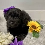 Teacup Labradoodle puppies, Precious Doodle Dogs, Labradoodle, doodle dog, labradoodle puppies for sale, labra, labradoodle for sale, Mini Doodle Dogs, miniature labradoodle, mini labradoodle, labradoodle puppy, how much is a labradoodle, labradoodle hypoallergenic, miniature labrador, mini labradoodle puppies for sale, labradoodle price, labradoodle shedding, labradoodle near me, miniature puppies for sale, white labradoodle, adult labradoodle, miniature labradoodle for sale, pictures of labradoodles, mini labradoodle puppies, miniature labradoodle puppies, red labradoodle, labradoodle breeders, labradoodle breeders near me, toy labradoodle, f1 labradoodle, small labradoodle, labradoodle for sale near me, golden labradoodle, miniature australian labradoodle, mini australian labradoodle, black labradoodle, labradoodle adoption, labradoodle dog, chocolate labradoodle puppies for sale, f1b labradoodle, labradoodle size, doodle puppies, mini doodle, how big do labradoodles get, brown labradoodle, chocolate labradoodle, mini labradoodle for sale, labradoodle puppies for sale near me, labradoodle cost, labradoodle temperament, labradoodle grooming, black and white labradoodle, mini australian labradoodle temperament, doodles for sale, mini doodle dog, australian labradoodle, full size labradoodle, shaved labradoodle, apricot labradoodle puppy, labradoodle austin, labradoodles austin texas, grown labradoodle, mini doodle breeds, labradoodle puppy cost, american labradoodle, labradoodle price range, f1b miniature labradoodle, labradoodles of long island, mini labradoodle near me, chocolate doodle puppies, labradoodle poodle, great doodle puppies, how big do mini labradoodles get, labradoodle names, are labradoodles smart, eden valley labradoodles, english manor labradoodles, red mini labradoodle, multigen labradoodle, labradoodle weight, labradoodle images, labradoodle cuts, miniture lab, labradoodle pics, labradoodle photos, mini golden labradoodle, miniature chocoalte lab, labradoodle personality, labradoodle facts, baby labradoodle, how much do labradoodles cost, caramel labradoodle, english labradoodle, labradoodles for sale, phantom labradoodle, labradoodle doodle, blue labradoodle, labradoodle colors, labradoodle hunting, labradoodle dog breeds, labradoodle allergies, pictures of labradoodle puppies, miniature lab for sale, lab and poodle mix, mini australian labradoodle cost, multigenerational labradoodle, lab poodle, mini doodles for sale, cute labradoodle, brown and white labradoodle, tiny goldendoodle, mini labradoodle price, f1 labradoodle puppy, brown labradoodle puppy, doodle dogs for sale, f1b mini labradoodle, medium labradoodle size, petite labradoodle, golden labradoodle puppy, black labradoodle puppies, best labradoodle breeders, mini labradoodle adoption, chocolate doodle, mini australian labradoodle, micro mini labradoodle, teacup labradoodle puppies for sale, mini labradoodle full grown, mini labradoodle size, mini australian labradoodle puppies for sale, parti labradoodle, mini chocolate labradoodle, f1 labradoodle puppies for sale, poodle labrador, mini australian doodle, labradoodle puppies for adoption, miniature labradoodle full grown, black miniature labradoodle , red labradoodle puppies, miniature chocolate labradoodle, mini labradoodles for sale near me, black labradoodle puppies for sale, micro labradoodle, chocolate australian labradoodle, apricot labradoodle, labradoodle mix, labradoodle info, australian labradoodle hypoallergenic, lab poodle mix puppy, adult mini labradoodle, family labradoodles, miniature labradoodle size, labradoodle puppies near me, cream labradoodle, chocolate labradoodle puppies, doodle puppies for sale, miniaure labradoodle for sale near me, teacup labradoodle, chocolate labradoodle for sale, chocolate mini labradoodle puppies for sale, miniature labradoodle breeders, silver labradoodle, black australian labradoodle, groodle puppies, mini labradoodle breeders, white labradoodle puppy, where to buy a labradoodle, black mini labradoodle, chocolate labradoodle puppies for sale near me, miniature labradoodle puppies for sale, labradoodle puppies price, labre doodle's, miniature labradoodle puppies, buy labradoodle, mini doodle puppies, mini labradoodle puppies for sale near me, mini labradoodle temperament, micro labradoodle puppies for sale, labradoodle information, golden labradoodle for sale, f1b labradoodle puppies for sale, toy labradoodle puppies for sale, how long do mini labradoodles live, chocolate and white labradoodle, labradoodle stud, labradoodle mini pup, what is a mini labradoodle, mini labradoodle images, mini poodle lab mix, what is a miniature labradoodle, labradoodle more lab than poodle, cute labradoodle puppies, miniature labradoodle puppies for sale, mini labrador breed, miniature labradoodle characteristics, images of miniature labradoodles, Teacup Labradoodle Alabama, Teacup Labradoodle Alaska, Teacup Labradoodle Arizona, Teacup Labradoodle Arkansas, Teacup Labradoodle California, Teacup Labradoodle Colorado, Teacup Labradoodle Connecticut, Teacup Labradoodle Delaware, Teacup Labradoodle Florida, Teacup Labradoodle Georgia, Teacup Labradoodle Hawaii, Teacup Labradoodle Idaho, Teacup Labradoodle Illinois, Teacup Labradoodle Indiana, Teacup Labradoodle Iowa, Teacup Labradoodle Kansas, Teacup Labradoodle Kentucky, Teacup Labradoodle Louisiana, Teacup Labradoodle Maine, Teacup Labradoodle Maryland, Teacup Labradoodle Massachusetts, Teacup Labradoodle Michigan, Teacup Labradoodle Minnesota, Teacup Labradoodle Mississippi, Teacup Labradoodle Missouri, Teacup Labradoodle Montana, Teacup Labradoodle Nebraska, Teacup Labradoodle Nevada, Teacup Labradoodle New Hampshire, Teacup Labradoodle New Jersey, Teacup Labradoodle New Mexico, Teacup Labradoodle New York, Teacup Labradoodle North Carolina, Teacup Labradoodle North Dakota, Teacup Labradoodle Ohio, Teacup Labradoodle Oklahoma, Teacup Labradoodle Oregon, Teacup Labradoodle Pennsylvania, Teacup Labradoodle Rhode Island, Teacup Labradoodle South Carolina, Teacup Labradoodle South Dakota, Teacup Labradoodle Tennessee, Teacup Labradoodle Texas, Teacup Labradoodle Utah, Teacup Labradoodle Vermont, Teacup Labradoodle Virginia, Teacup Labradoodle Washington, Teacup Labradoodle West Virginia, Teacup Labradoodle Wisconsin, Teacup Labradoodle Wyoming, Teacup Labradoodles AL, Teacup Labradoodles AK, Teacup Labradoodles AZ, Teacup Labradoodles AR, Teacup Labradoodles CA, Teacup Labradoodles CO, Teacup Labradoodles CT, Teacup Labradoodles DE, Teacup Labradoodles FL, Teacup Labradoodles GA, Teacup Labradoodles HI, Teacup Labradoodles ID, Teacup Labradoodles IL, Teacup Labradoodles IN, Teacup Labradoodles IA, Teacup Labradoodles KS, Teacup Labradoodles KY, Teacup Labradoodles LA, Teacup Labradoodles ME, Teacup Labradoodles MD, Teacup Labradoodles MA, Teacup Labradoodles MI, Teacup Labradoodles MN, Teacup Labradoodles MS, Teacup Labradoodles MO, Teacup Labradoodles MT, Teacup Labradoodles NE, Teacup Labradoodles NV, Teacup Labradoodles NH, Teacup Labradoodles NJ, Teacup Labradoodles NM, Teacup Labradoodles NY, Teacup Labradoodles NC, Teacup Labradoodles ND, Teacup Labradoodles OH, Teacup Labradoodles OK, Teacup Labradoodles OR, Teacup Labradoodles PA, Teacup Labradoodles RI, Teacup Labradoodles SC, Teacup Labradoodles SD, Teacup Labradoodles TN, Teacup Labradoodles TX, Teacup Labradoodles UT, Teacup Labradoodles VT, Teacup Labradoodles VA, Teacup Labradoodles WA, Teacup Labradoodles WV, Teacup Labradoodles WI, Teacup Labradoodles WY, Teacup Labradoodle puppies Alabama, Teacup Labradoodle puppies Alaska, Teacup Labradoodle puppies Arizona, Teacup Labradoodle puppies Arkansas, Teacup Labradoodle puppies California, Teacup Labradoodle puppies Colorado, Teacup Labradoodle puppies Connecticut, Teacup Labradoodle puppies Delaware, Teacup Labradoodle puppies Florida, Teacup Labradoodle puppies Georgia, Teacup Labradoodle puppies Hawaii, Teacup Labradoodle puppies Idaho, Teacup Labradoodle puppies Illinois, Teacup Labradoodle puppies Indiana, Teacup Labradoodle puppies Iowa, Teacup Labradoodle puppies Kansas, Teacup Labradoodle puppies Kentucky, Teacup Labradoodle puppies Louisiana, Teacup Labradoodle puppies Maine, Teacup Labradoodle puppies Maryland, Teacup Labradoodle puppies Massachusetts, Teacup Labradoodle puppies Michigan, Teacup Labradoodle puppies Minnesota, Teacup Labradoodle puppies Mississippi, Teacup Labradoodle puppies Missouri, Teacup Labradoodle puppies Montana, Teacup Labradoodle puppies Nebraska, Teacup Labradoodle puppies Nevada, Teacup Labradoodle puppies New Hampshire, Teacup Labradoodle puppies New Jersey, Teacup Labradoodle puppies New Mexico, Teacup Labradoodle puppies New York, Teacup Labradoodle puppies North Carolina, Teacup Labradoodle puppies North Dakota, Teacup Labradoodle puppies Ohio, Teacup Labradoodle puppies Oklahoma, Teacup Labradoodle puppies Oregon, Teacup Labradoodle puppies Pennsylvania, Teacup Labradoodle puppies Rhode Island, Teacup Labradoodle puppies South Carolina, Teacup Labradoodle puppies South Dakota, Teacup Labradoodle puppies Tennessee, Teacup Labradoodle puppies Texas, Teacup Labradoodle puppies Utah, Teacup Labradoodle puppies Vermont, Teacup Labradoodle puppies Virginia, Teacup Labradoodle puppies Washington, Teacup Labradoodle puppies West Virginia, Teacup Labradoodle puppies Wisconsin, Teacup Labradoodle puppies Wyoming, Teacup Labradoodle puppies for sale Alabama, Teacup Labradoodle puppies for sale Alaska, Teacup Labradoodle puppies for sale Arizona, Teacup Labradoodle puppies for sale Arkansas, Teacup Labradoodle puppies for sale California, Teacup Labradoodle puppies for sale Colorado, Teacup Labradoodle puppies for sale Connecticut, Teacup Labradoodle puppies for sale Delaware, Teacup Labradoodle puppies for sale Florida, Teacup Labradoodle puppies for sale Georgia, Teacup Labradoodle puppies for sale Hawaii, Teacup Labradoodle puppies for sale Idaho, Teacup Labradoodle puppies for sale Illinois, Teacup Labradoodle puppies for sale Indiana, Teacup Labradoodle puppies for sale Iowa, Teacup Labradoodle puppies for sale Kansas, Teacup Labradoodle puppies for sale Kentucky, Teacup Labradoodle puppies for sale Louisiana, Teacup Labradoodle puppies for sale Maine, Teacup Labradoodle puppies for sale Maryland, Teacup Labradoodle puppies for sale Massachusetts, Teacup Labradoodle puppies for sale Michigan, Teacup Labradoodle puppies for sale Minnesota, Teacup Labradoodle puppies for sale Mississippi, Teacup Labradoodle puppies for sale Missouri, Teacup Labradoodle puppies for sale Montana, Teacup Labradoodle puppies for sale Nebraska, Teacup Labradoodle puppies for sale Nevada, Teacup Labradoodle puppies for sale New Hampshire, Teacup Labradoodle puppies for sale New Jersey, Teacup Labradoodle puppies for sale New Mexico, Teacup Labradoodle puppies for sale New York, Teacup Labradoodle puppies for sale North Carolina, Teacup Labradoodle puppies for sale North Dakota, Teacup Labradoodle puppies for sale Ohio, Teacup Labradoodle puppies for sale Oklahoma, Teacup Labradoodle puppies for sale Oregon, Teacup Labradoodle puppies for sale Pennsylvania, Teacup Labradoodle puppies for sale Rhode Island, Teacup Labradoodle puppies for sale South Carolina, Teacup Labradoodle puppies for sale South Dakota, Teacup Labradoodle puppies for sale Tennessee, Teacup Labradoodle puppies for sale Texas, Teacup Labradoodle puppies for sale Utah, Teacup Labradoodle puppies for sale Vermont, Teacup Labradoodle puppies for sale Virginia, Teacup Labradoodle puppies for sale Washington, Teacup Labradoodle puppies for sale West Virginia, Teacup Labradoodle puppies for sale Wisconsin, Teacup Labradoodle puppies for sale Wyoming, Mini Labradoodle puppies for sale Alabama, Mini Labradoodle puppies for sale Alaska, Mini Labradoodle puppies for sale Arizona, Mini Labradoodle puppies for sale Arkansas, Mini Labradoodle puppies for sale California, Mini Labradoodle puppies for sale Colorado, Mini Labradoodle puppies for sale Connecticut, Mini Labradoodle puppies for sale Delaware, Mini Labradoodle puppies for sale Florida, Mini Labradoodle puppies for sale Georgia, Mini Labradoodle puppies for sale Hawaii, Mini Labradoodle puppies for sale Idaho, Mini Labradoodle puppies for sale Illinois, Mini Labradoodle puppies for sale Indiana, Mini Labradoodle puppies for sale Iowa, Mini Labradoodle puppies for sale Kansas, Mini Labradoodle puppies for sale Kentucky, Mini Labradoodle puppies for sale Louisiana, Mini Labradoodle puppies for sale Maine, Mini Labradoodle puppies for sale Maryland, Mini Labradoodle puppies for sale Massachusetts, Mini Labradoodle puppies for sale Michigan, Mini Labradoodle puppies for sale Minnesota, Mini Labradoodle puppies for sale Mississippi, Mini Labradoodle puppies for sale Missouri, Mini Labradoodle puppies for sale Montana, Mini Labradoodle puppies for sale Nebraska, Mini Labradoodle puppies for sale Nevada, Mini Labradoodle puppies for sale New Hampshire, Mini Labradoodle puppies for sale New Jersey, Mini Labradoodle puppies for sale New Mexico, Mini Labradoodle puppies for sale New York, Mini Labradoodle puppies for sale North Carolina, Mini Labradoodle puppies for sale North Dakota, Mini Labradoodle puppies for sale Ohio, Mini Labradoodle puppies for sale Oklahoma, Mini Labradoodle puppies for sale Oregon, Mini Labradoodle puppies for sale Pennsylvania, Mini Labradoodle puppies for sale Rhode Island, Mini Labradoodle puppies for sale South Carolina, Mini Labradoodle puppies for sale South Dakota, Mini Labradoodle puppies for sale Tennessee, Mini Labradoodle puppies for sale Texas, Mini Labradoodle puppies for sale Utah, Mini Labradoodle puppies for sale Vermont, Mini Labradoodle puppies for sale Virginia, Mini Labradoodle puppies for sale Washington, Mini Labradoodle puppies for sale West Virginia, Mini Labradoodle puppies for sale Wisconsin, Mini Labradoodle puppies for sale Wyoming, Labradoodle puppies for sale Alabama, Labradoodle puppies for sale Alaska, Labradoodle puppies for sale Arizona, Labradoodle puppies for sale Arkansas, Labradoodle puppies for sale California, Labradoodle puppies for sale Colorado, Labradoodle puppies for sale Connecticut, Labradoodle puppies for sale Delaware, Labradoodle puppies for sale Florida, Labradoodle puppies for sale Georgia, Labradoodle puppies for sale Hawaii, Labradoodle puppies for sale Idaho, Labradoodle puppies for sale Illinois, Labradoodle puppies for sale Indiana, Labradoodle puppies for sale Iowa, Labradoodle puppies for sale Kansas, Labradoodle puppies for sale Kentucky, Labradoodle puppies for sale Louisiana, Labradoodle puppies for sale Maine, Labradoodle puppies for sale Maryland, Labradoodle puppies for sale Massachusetts, Labradoodle puppies for sale Michigan, Labradoodle puppies for sale Minnesota, Labradoodle puppies for sale Mississippi, Labradoodle puppies for sale Missouri, Labradoodle puppies for sale Montana, Labradoodle puppies for sale Nebraska, Labradoodle puppies for sale Nevada, Labradoodle puppies for sale New Hampshire, Labradoodle puppies for sale New Jersey, Labradoodle puppies for sale New Mexico, Labradoodle puppies for sale New York, Labradoodle puppies for sale North Carolina, Labradoodle puppies for sale North Dakota, Labradoodle puppies for sale Ohio, Labradoodle puppies for sale Oklahoma, Labradoodle puppies for sale Oregon, Labradoodle puppies for sale Pennsylvania, Labradoodle puppies for sale Rhode Island, Labradoodle puppies for sale South Carolina, Labradoodle puppies for sale South Dakota, Labradoodle puppies for sale Tennessee, Labradoodle puppies for sale Texas, Labradoodle puppies for sale Utah, Labradoodle puppies for sale Vermont, Labradoodle puppies for sale Virginia, Labradoodle puppies for sale Washington, Labradoodle puppies for sale West Virginia, Labradoodle puppies for sale Wisconsin, Labradoodle puppies for sale Wyoming, Teacup Labradoodles for sale in Alabama, Teacup Labradoodles for sale in Alaska, Teacup Labradoodles for sale in Arizona, Teacup Labradoodles for sale in Arkansas, Teacup Labradoodles for sale in California, Teacup Labradoodles for sale in Colorado, Teacup Labradoodles for sale in Connecticut, Teacup Labradoodles for sale in Delaware, Teacup Labradoodles for sale in Florida, Teacup Labradoodles for sale in Georgia, Teacup Labradoodles for sale in Hawaii, Teacup Labradoodles for sale in Idaho, Teacup Labradoodles for sale in Illinois, Teacup Labradoodles for sale in Indiana, Teacup Labradoodles for sale in Iowa, Teacup Labradoodles for sale in Kansas, Teacup Labradoodles for sale in Kentucky, Teacup Labradoodles for sale in Louisiana, Teacup Labradoodles for sale in Maine, Teacup Labradoodles for sale in Maryland, Teacup Labradoodles for sale in Massachusetts, Teacup Labradoodles for sale in Michigan, Teacup Labradoodles for sale in Minnesota, Teacup Labradoodles for sale in Mississippi, Teacup Labradoodles for sale in Missouri, Teacup Labradoodles for sale in Montana, Teacup Labradoodles for sale in Nebraska, Teacup Labradoodles for sale in Nevada, Teacup Labradoodles for sale in New Hampshire, Teacup Labradoodles for sale in New Jersey, Teacup Labradoodles for sale in New Mexico, Teacup Labradoodles for sale in New York, Teacup Labradoodles for sale in North Carolina, Teacup Labradoodles for sale in North Dakota, Teacup Labradoodles for sale in Ohio, Teacup Labradoodles for sale in Oklahoma, Teacup Labradoodles for sale in Oregon, Teacup Labradoodles for sale in Pennsylvania, Teacup Labradoodles for sale in Rhode Island, Teacup Labradoodles for sale in South Carolina, Teacup Labradoodles for sale in South Dakota, Teacup Labradoodles for sale in Tennessee, Teacup Labradoodles for sale in Texas, Teacup Labradoodles for sale in Utah, Teacup Labradoodles for sale in Vermont, Teacup Labradoodles for sale in Virginia, Teacup Labradoodles for sale in Washington, Teacup Labradoodles for sale in West Virginia, Teacup Labradoodles for sale in Wisconsin, Teacup Labradoodles for sale in Wyoming, Labradoodles Alabama, Labradoodles Alaska, Labradoodles Arizona, Labradoodles Arkansas, Labradoodles California, Labradoodles Colorado, Labradoodles Connecticut, Labradoodles Delaware, Labradoodles Florida, Labradoodles Georgia, Labradoodles Hawaii, Labradoodles Idaho, Labradoodles Illinois, Labradoodles Indiana, Labradoodles Iowa, Labradoodles Kansas, Labradoodles Kentucky, Labradoodles Louisiana, Labradoodles Maine, Labradoodles Maryland, Labradoodles Massachusetts, Labradoodles Michigan, Labradoodles Minnesota, Labradoodles Mississippi, Labradoodles Missouri, Labradoodles Montana, Labradoodles Nebraska, Labradoodles Nevada, Labradoodles New Hampshire, Labradoodles New Jersey, Labradoodles New Mexico, Labradoodles New York, Labradoodles North Carolina, Labradoodles North Dakota, Labradoodles Ohio, Labradoodles Oklahoma, Labradoodles Oregon, Labradoodles Pennsylvania, Labradoodles Rhode Island, Labradoodles South Carolina, Labradoodles South Dakota, Labradoodles Tennessee, Labradoodles Texas, Labradoodles Utah, Labradoodles Vermont, Labradoodles Virginia, Labradoodles Washington, Labradoodles West Virginia, Labradoodles Wisconsin, Labradoodles Wyoming, Labradoodle puppies Alabama, Labradoodle puppies Alaska, Labradoodle puppies Arizona, Labradoodle puppies Arkansas, Labradoodle puppies California, Labradoodle puppies Colorado, Labradoodle puppies Connecticut, Labradoodle puppies Delaware, Labradoodle puppies Florida, Labradoodle puppies Georgia, Labradoodle puppies Hawaii, Labradoodle puppies Idaho, Labradoodle puppies Illinois, Labradoodle puppies Indiana, Labradoodle puppies Iowa, Labradoodle puppies Kansas, Labradoodle puppies Kentucky, Labradoodle puppies Louisiana, Labradoodle puppies Maine, Labradoodle puppies Maryland, Labradoodle puppies Massachusetts, Labradoodle puppies Michigan, Labradoodle puppies Minnesota, Labradoodle puppies Mississippi, Labradoodle puppies Missouri, Labradoodle puppies Montana, Labradoodle puppies Nebraska, Labradoodle puppies Nevada, Labradoodle puppies New Hampshire, Labradoodle puppies New Jersey, Labradoodle puppies New Mexico, Labradoodle puppies New York, Labradoodle puppies North Carolina, Labradoodle puppies North Dakota, Labradoodle puppies Ohio, Labradoodle puppies Oklahoma, Labradoodle puppies Oregon, Labradoodle puppies Pennsylvania, Labradoodle puppies Rhode Island, Labradoodle puppies South Carolina, Labradoodle puppies South Dakota, Labradoodle puppies Tennessee, Labradoodle puppies Texas, Labradoodle puppies Utah, Labradoodle puppies Vermont, Labradoodle puppies Virginia, Labradoodle puppies Washington, Labradoodle puppies West Virginia, Labradoodle puppies Wisconsin, Labradoodle puppies Wyoming, Toy Labradoodle Alabama, Toy Labradoodle Alaska, Toy Labradoodle Arizona, Toy Labradoodle Arkansas, Toy Labradoodle California, Toy Labradoodle Colorado, Toy Labradoodle Connecticut, Toy Labradoodle Delaware, Toy Labradoodle Florida, Toy Labradoodle Georgia, Toy Labradoodle Hawaii, Toy Labradoodle Idaho, Toy Labradoodle Illinois, Toy Labradoodle Indiana, Toy Labradoodle Iowa, Toy Labradoodle Kansas, Toy Labradoodle Kentucky, Toy Labradoodle Louisiana, Toy Labradoodle Maine, Toy Labradoodle Maryland, Toy Labradoodle Massachusetts, Toy Labradoodle Michigan, Toy Labradoodle Minnesota, Toy Labradoodle Mississippi, Toy Labradoodle Missouri, Toy Labradoodle Montana, Toy Labradoodle Nebraska, Toy Labradoodle Nevada, Toy Labradoodle New Hampshire, Toy Labradoodle New Jersey, Toy Labradoodle New Mexico, Toy Labradoodle New York, Toy Labradoodle North Carolina, Toy Labradoodle North Dakota, Toy Labradoodle Ohio, Toy Labradoodle Oklahoma, Toy Labradoodle Oregon, Toy Labradoodle Pennsylvania, Toy Labradoodle Rhode Island, Toy Labradoodle South Carolina, Toy Labradoodle South Dakota, Toy Labradoodle Tennessee, Toy Labradoodle Texas, Toy Labradoodle Utah, Toy Labradoodle Vermont, Toy Labradoodle Virginia, Toy Labradoodle Washington, Toy Labradoodle West Virginia, Toy Labradoodle Wisconsin, Toy Labradoodle Wyoming, Mini Labradoodles Alabama, Mini Labradoodles Alaska, Mini Labradoodles Arizona, Mini Labradoodles Arkansas, Mini Labradoodles California, Mini Labradoodles Colorado, Mini Labradoodles Connecticut, Mini Labradoodles Delaware, Mini Labradoodles Florida, Mini Labradoodles Georgia, Mini Labradoodles Hawaii, Mini Labradoodles Idaho, Mini Labradoodles Illinois, Mini Labradoodles Indiana, Mini Labradoodles Iowa, Mini Labradoodles Kansas, Mini Labradoodles Kentucky, Mini Labradoodles Louisiana, Mini Labradoodles Maine, Mini Labradoodles Maryland, Mini Labradoodles Massachusetts, Mini Labradoodles Michigan, Mini Labradoodles Minnesota, Mini Labradoodles Mississippi, Mini Labradoodles Missouri, Mini Labradoodles Montana, Mini Labradoodles Nebraska, Mini Labradoodles Nevada, Mini Labradoodles New Hampshire, Mini Labradoodles New Jersey, Mini Labradoodles New Mexico, Mini Labradoodles New York, Mini Labradoodles North Carolina, Mini Labradoodles North Dakota, Mini Labradoodles Ohio, Mini Labradoodles Oklahoma, Mini Labradoodles Oregon, Mini Labradoodles Pennsylvania, Mini Labradoodles Rhode Island, Mini Labradoodles South Carolina, Mini Labradoodles South Dakota, Mini Labradoodles Tennessee, Mini Labradoodles Texas, Mini Labradoodles Utah, Mini Labradoodles Vermont, Mini Labradoodles Virginia, Mini Labradoodles Washington, Mini Labradoodles West Virginia, Mini Labradoodles Wisconsin, Mini Labradoodles Wyoming,