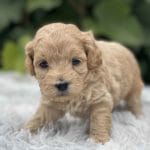 Teacup Labradoodle puppies, Precious Doodle Dogs, Labradoodle, doodle dog, labradoodle puppies for sale, labra, labradoodle for sale, Mini Doodle Dogs, miniature labradoodle, mini labradoodle, labradoodle puppy, how much is a labradoodle, labradoodle hypoallergenic, miniature labrador, mini labradoodle puppies for sale, labradoodle price, labradoodle shedding, labradoodle near me, miniature puppies for sale, white labradoodle, adult labradoodle, miniature labradoodle for sale, pictures of labradoodles, mini labradoodle puppies, miniature labradoodle puppies, red labradoodle, labradoodle breeders, labradoodle breeders near me, toy labradoodle, f1 labradoodle, small labradoodle, labradoodle for sale near me, golden labradoodle, miniature australian labradoodle, mini australian labradoodle, black labradoodle, labradoodle adoption, labradoodle dog, chocolate labradoodle puppies for sale, f1b labradoodle, labradoodle size, doodle puppies, mini doodle, how big do labradoodles get, brown labradoodle, chocolate labradoodle, mini labradoodle for sale, labradoodle puppies for sale near me, labradoodle cost, labradoodle temperament, labradoodle grooming, black and white labradoodle, mini australian labradoodle temperament, doodles for sale, mini doodle dog, australian labradoodle, full size labradoodle, shaved labradoodle, apricot labradoodle puppy, labradoodle austin, labradoodles austin texas, grown labradoodle, mini doodle breeds, labradoodle puppy cost, american labradoodle, labradoodle price range, f1b miniature labradoodle, labradoodles of long island, mini labradoodle near me, chocolate doodle puppies, labradoodle poodle, great doodle puppies, how big do mini labradoodles get, labradoodle names, are labradoodles smart, eden valley labradoodles, english manor labradoodles, red mini labradoodle, multigen labradoodle, labradoodle weight, labradoodle images, labradoodle cuts, miniture lab, labradoodle pics, labradoodle photos, mini golden labradoodle, miniature chocoalte lab, labradoodle personality, labradoodle facts, baby labradoodle, how much do labradoodles cost, caramel labradoodle, english labradoodle, labradoodles for sale, phantom labradoodle, labradoodle doodle, blue labradoodle, labradoodle colors, labradoodle hunting, labradoodle dog breeds, labradoodle allergies, pictures of labradoodle puppies, miniature lab for sale, lab and poodle mix, mini australian labradoodle cost, multigenerational labradoodle, lab poodle, mini doodles for sale, cute labradoodle, brown and white labradoodle, tiny goldendoodle, mini labradoodle price, f1 labradoodle puppy, brown labradoodle puppy, doodle dogs for sale, f1b mini labradoodle, medium labradoodle size, petite labradoodle, golden labradoodle puppy, black labradoodle puppies, best labradoodle breeders, mini labradoodle adoption, chocolate doodle, mini australian labradoodle, micro mini labradoodle, teacup labradoodle puppies for sale, mini labradoodle full grown, mini labradoodle size, mini australian labradoodle puppies for sale, parti labradoodle, mini chocolate labradoodle, f1 labradoodle puppies for sale, poodle labrador, mini australian doodle, labradoodle puppies for adoption, miniature labradoodle full grown, black miniature labradoodle , red labradoodle puppies, miniature chocolate labradoodle, mini labradoodles for sale near me, black labradoodle puppies for sale, micro labradoodle, chocolate australian labradoodle, apricot labradoodle, labradoodle mix, labradoodle info, australian labradoodle hypoallergenic, lab poodle mix puppy, adult mini labradoodle, family labradoodles, miniature labradoodle size, labradoodle puppies near me, cream labradoodle, chocolate labradoodle puppies, doodle puppies for sale, miniaure labradoodle for sale near me, teacup labradoodle, chocolate labradoodle for sale, chocolate mini labradoodle puppies for sale, miniature labradoodle breeders, silver labradoodle, black australian labradoodle, groodle puppies, mini labradoodle breeders, white labradoodle puppy, where to buy a labradoodle, black mini labradoodle, chocolate labradoodle puppies for sale near me, miniature labradoodle puppies for sale, labradoodle puppies price, labre doodle's, miniature labradoodle puppies, buy labradoodle, mini doodle puppies, mini labradoodle puppies for sale near me, mini labradoodle temperament, micro labradoodle puppies for sale, labradoodle information, golden labradoodle for sale, f1b labradoodle puppies for sale, toy labradoodle puppies for sale, how long do mini labradoodles live, chocolate and white labradoodle, labradoodle stud, labradoodle mini pup, what is a mini labradoodle, mini labradoodle images, mini poodle lab mix, what is a miniature labradoodle, labradoodle more lab than poodle, cute labradoodle puppies, miniature labradoodle puppies for sale, mini labrador breed, miniature labradoodle characteristics, images of miniature labradoodles, Mini Labradoodle Alabama, Mini Labradoodle Alaska, Mini Labradoodle Arizona, Mini Labradoodle Arkansas, Mini Labradoodle California, Mini Labradoodle Colorado, Mini Labradoodle Connecticut, Mini Labradoodle Delaware, Mini Labradoodle Florida, Mini Labradoodle Georgia, Mini Labradoodle Hawaii, Mini Labradoodle Idaho, Mini Labradoodle Illinois, Mini Labradoodle Indiana, Mini Labradoodle Iowa, Mini Labradoodle Kansas, Mini Labradoodle Kentucky, Mini Labradoodle Louisiana, Mini Labradoodle Maine, Mini Labradoodle Maryland, Mini Labradoodle Massachusetts, Mini Labradoodle Michigan, Mini Labradoodle Minnesota, Mini Labradoodle Mississippi, Mini Labradoodle Missouri, Mini Labradoodle Montana, Mini Labradoodle Nebraska, Mini Labradoodle Nevada, Mini Labradoodle New Hampshire, Mini Labradoodle New Jersey, Mini Labradoodle New Mexico, Mini Labradoodle New York, Mini Labradoodle North Carolina, Mini Labradoodle North Dakota, Mini Labradoodle Ohio, Mini Labradoodle Oklahoma, Mini Labradoodle Oregon, Mini Labradoodle Pennsylvania, Mini Labradoodle Rhode Island, Mini Labradoodle South Carolina, Mini Labradoodle South Dakota, Mini Labradoodle Tennessee, Mini Labradoodle Texas, Mini Labradoodle Utah, Mini Labradoodle Vermont, Mini Labradoodle Virginia, Mini Labradoodle Washington, Mini Labradoodle West Virginia, Mini Labradoodle Wisconsin, Mini Labradoodle Wyoming, Miniature Labradoodle Alabama, Miniature Labradoodle Alaska, Miniature Labradoodle Arizona, Miniature Labradoodle Arkansas, Miniature Labradoodle California, Miniature Labradoodle Colorado, Miniature Labradoodle Connecticut, Miniature Labradoodle Delaware, Miniature Labradoodle Florida, Miniature Labradoodle Georgia, Miniature Labradoodle Hawaii, Miniature Labradoodle Idaho, Miniature Labradoodle Illinois, Miniature Labradoodle Indiana, Miniature Labradoodle Iowa, Miniature Labradoodle Kansas, Miniature Labradoodle Kentucky, Miniature Labradoodle Louisiana, Miniature Labradoodle Maine, Miniature Labradoodle Maryland, Miniature Labradoodle Massachusetts, Miniature Labradoodle Michigan, Miniature Labradoodle Minnesota, Miniature Labradoodle Mississippi, Miniature Labradoodle Missouri, Miniature Labradoodle Montana, Miniature Labradoodle Nebraska, Miniature Labradoodle Nevada, Miniature Labradoodle New Hampshire, Miniature Labradoodle New Jersey, Miniature Labradoodle New Mexico, Miniature Labradoodle New York, Miniature Labradoodle North Carolina, Miniature Labradoodle North Dakota, Miniature Labradoodle Ohio, Miniature Labradoodle Oklahoma, Miniature Labradoodle Oregon, Miniature Labradoodle Pennsylvania, Miniature Labradoodle Rhode Island, Miniature Labradoodle South Carolina, Miniature Labradoodle South Dakota, Miniature Labradoodle Tennessee, Miniature Labradoodle Texas, Miniature Labradoodle Utah, Miniature Labradoodle Vermont, Miniature Labradoodle Virginia, Miniature Labradoodle Washington, Miniature Labradoodle West Virginia, Miniature Labradoodle Wisconsin, Miniature Labradoodle Wyoming, Mini Labradoodle puppies for sale Alabama, Mini Labradoodle puppies for sale Alaska, Mini Labradoodle puppies for sale Arizona, Mini Labradoodle puppies for sale Arkansas, Mini Labradoodle puppies for sale California, Mini Labradoodle puppies for sale Colorado, Mini Labradoodle puppies for sale Connecticut, Mini Labradoodle puppies for sale Delaware, Mini Labradoodle puppies for sale Florida, Mini Labradoodle puppies for sale Georgia, Mini Labradoodle puppies for sale Hawaii, Mini Labradoodle puppies for sale Idaho, Mini Labradoodle puppies for sale Illinois, Mini Labradoodle puppies for sale Indiana, Mini Labradoodle puppies for sale Iowa, Mini Labradoodle puppies for sale Kansas, Mini Labradoodle puppies for sale Kentucky, Mini Labradoodle puppies for sale Louisiana, Mini Labradoodle puppies for sale Maine, Mini Labradoodle puppies for sale Maryland, Mini Labradoodle puppies for sale Massachusetts, Mini Labradoodle puppies for sale Michigan, Mini Labradoodle puppies for sale Minnesota, Mini Labradoodle puppies for sale Mississippi, Mini Labradoodle puppies for sale Missouri, Mini Labradoodle puppies for sale Montana, Mini Labradoodle puppies for sale Nebraska, Mini Labradoodle puppies for sale Nevada, Mini Labradoodle puppies for sale New Hampshire, Mini Labradoodle puppies for sale New Jersey, Mini Labradoodle puppies for sale New Mexico, Mini Labradoodle puppies for sale New York, Mini Labradoodle puppies for sale North Carolina, Mini Labradoodle puppies for sale North Dakota, Mini Labradoodle puppies for sale Ohio, Mini Labradoodle puppies for sale Oklahoma, Mini Labradoodle puppies for sale Oregon, Mini Labradoodle puppies for sale Pennsylvania, Mini Labradoodle puppies for sale Rhode Island, Mini Labradoodle puppies for sale South Carolina, Mini Labradoodle puppies for sale South Dakota, Mini Labradoodle puppies for sale Tennessee, Mini Labradoodle puppies for sale Texas, Mini Labradoodle puppies for sale Utah, Mini Labradoodle puppies for sale Vermont, Mini Labradoodle puppies for sale Virginia, Mini Labradoodle puppies for sale Washington, Mini Labradoodle puppies for sale West Virginia, Mini Labradoodle puppies for sale Wisconsin, Mini Labradoodle puppies for sale Wyoming, Labradoodle puppies for sale Alabama, Labradoodle puppies for sale Alaska, Labradoodle puppies for sale Arizona, Labradoodle puppies for sale Arkansas, Labradoodle puppies for sale California, Labradoodle puppies for sale Colorado, Labradoodle puppies for sale Connecticut, Labradoodle puppies for sale Delaware, Labradoodle puppies for sale Florida, Labradoodle puppies for sale Georgia, Labradoodle puppies for sale Hawaii, Labradoodle puppies for sale Idaho, Labradoodle puppies for sale Illinois, Labradoodle puppies for sale Indiana, Labradoodle puppies for sale Iowa, Labradoodle puppies for sale Kansas, Labradoodle puppies for sale Kentucky, Labradoodle puppies for sale Louisiana, Labradoodle puppies for sale Maine, Labradoodle puppies for sale Maryland, Labradoodle puppies for sale Massachusetts, Labradoodle puppies for sale Michigan, Labradoodle puppies for sale Minnesota, Labradoodle puppies for sale Mississippi, Labradoodle puppies for sale Missouri, Labradoodle puppies for sale Montana, Labradoodle puppies for sale Nebraska, Labradoodle puppies for sale Nevada, Labradoodle puppies for sale New Hampshire, Labradoodle puppies for sale New Jersey, Labradoodle puppies for sale New Mexico, Labradoodle puppies for sale New York, Labradoodle puppies for sale North Carolina, Labradoodle puppies for sale North Dakota, Labradoodle puppies for sale Ohio, Labradoodle puppies for sale Oklahoma, Labradoodle puppies for sale Oregon, Labradoodle puppies for sale Pennsylvania, Labradoodle puppies for sale Rhode Island, Labradoodle puppies for sale South Carolina, Labradoodle puppies for sale South Dakota, Labradoodle puppies for sale Tennessee, Labradoodle puppies for sale Texas, Labradoodle puppies for sale Utah, Labradoodle puppies for sale Vermont, Labradoodle puppies for sale Virginia, Labradoodle puppies for sale Washington, Labradoodle puppies for sale West Virginia, Labradoodle puppies for sale Wisconsin, Labradoodle puppies for sale Wyoming, Labradoodles for sale in Alabama, Labradoodles for sale in Alaska, Labradoodles for sale in Arizona, Labradoodles for sale in Arkansas, Labradoodles for sale in California, Labradoodles for sale in Colorado, Labradoodles for sale in Connecticut, Labradoodles for sale in Delaware, Labradoodles for sale in Florida, Labradoodles for sale in Georgia, Labradoodles for sale in Hawaii, Labradoodles for sale in Idaho, Labradoodles for sale in Illinois, Labradoodles for sale in Indiana, Labradoodles for sale in Iowa, Labradoodles for sale in Kansas, Labradoodles for sale in Kentucky, Labradoodles for sale in Louisiana, Labradoodles for sale in Maine, Labradoodles for sale in Maryland, Labradoodles for sale in Massachusetts, Labradoodles for sale in Michigan, Labradoodles for sale in Minnesota, Labradoodles for sale in Mississippi, Labradoodles for sale in Missouri, Labradoodles for sale in Montana, Labradoodles for sale in Nebraska, Labradoodles for sale in Nevada, Labradoodles for sale in New Hampshire, Labradoodles for sale in New Jersey, Labradoodles for sale in New Mexico, Labradoodles for sale in New York, Labradoodles for sale in North Carolina, Labradoodles for sale in North Dakota, Labradoodles for sale in Ohio, Labradoodles for sale in Oklahoma, Labradoodles for sale in Oregon, Labradoodles for sale in Pennsylvania, Labradoodles for sale in Rhode Island, Labradoodles for sale in South Carolina, Labradoodles for sale in South Dakota, Labradoodles for sale in Tennessee, Labradoodles for sale in Texas, Labradoodles for sale in Utah, Labradoodles for sale in Vermont, Labradoodles for sale in Virginia, Labradoodles for sale in Washington, Labradoodles for sale in West Virginia, Labradoodles for sale in Wisconsin, Labradoodles for sale in Wyoming, Labradoodle Alabama, Labradoodle Alaska, Labradoodle Arizona, Labradoodle Arkansas, Labradoodle California, Labradoodle Colorado, Labradoodle Connecticut, Labradoodle Delaware, Labradoodle Florida, Labradoodle Georgia, Labradoodle Hawaii, Labradoodle Idaho, Labradoodle Illinois, Labradoodle Indiana, Labradoodle Iowa, Labradoodle Kansas, Labradoodle Kentucky, Labradoodle Louisiana, Labradoodle Maine, Labradoodle Maryland, Labradoodle Massachusetts, Labradoodle Michigan, Labradoodle Minnesota, Labradoodle Mississippi, Labradoodle Missouri, Labradoodle Montana, Labradoodle Nebraska, Labradoodle Nevada, Labradoodle New Hampshire, Labradoodle New Jersey, Labradoodle New Mexico, Labradoodle New York, Labradoodle North Carolina, Labradoodle North Dakota, Labradoodle Ohio, Labradoodle Oklahoma, Labradoodle Oregon, Labradoodle Pennsylvania, Labradoodle Rhode Island, Labradoodle South Carolina, Labradoodle South Dakota, Labradoodle Tennessee, Labradoodle Texas, Labradoodle Utah, Labradoodle Vermont, Labradoodle Virginia, Labradoodle Washington, Labradoodle West Virginia, Labradoodle Wisconsin, Labradoodle Wyoming, Labradoodle breeders Alabama, Labradoodle breeders Alaska, Labradoodle breeders Arizona, Labradoodle breeders Arkansas, Labradoodle breeders California, Labradoodle breeders Colorado, Labradoodle breeders Connecticut, Labradoodle breeders Delaware, Labradoodle breeders Florida, Labradoodle breeders Georgia, Labradoodle breeders Hawaii, Labradoodle breeders Idaho, Labradoodle breeders Illinois, Labradoodle breeders Indiana, Labradoodle breeders Iowa, Labradoodle breeders Kansas, Labradoodle breeders Kentucky, Labradoodle breeders Louisiana, Labradoodle breeders Maine, Labradoodle breeders Maryland, Labradoodle breeders Massachusetts, Labradoodle breeders Michigan, Labradoodle breeders Minnesota, Labradoodle breeders Mississippi, Labradoodle breeders Missouri, Labradoodle breeders Montana, Labradoodle breeders Nebraska, Labradoodle breeders Nevada, Labradoodle breeders New Hampshire, Labradoodle breeders New Jersey, Labradoodle breeders New Mexico, Labradoodle breeders New York, Labradoodle breeders North Carolina, Labradoodle breeders North Dakota, Labradoodle breeders Ohio, Labradoodle breeders Oklahoma, Labradoodle breeders Oregon, Labradoodle breeders Pennsylvania, Labradoodle breeders Rhode Island, Labradoodle breeders South Carolina, Labradoodle breeders South Dakota, Labradoodle breeders Tennessee, Labradoodle breeders Texas, Labradoodle breeders Utah, Labradoodle breeders Vermont, Labradoodle breeders Virginia, Labradoodle breeders Washington, Labradoodle breeders West Virginia, Labradoodle breeders Wisconsin, Labradoodle breeders Wyoming, Labradoodle puppies Alabama, Labradoodle puppies Alaska, Labradoodle puppies Arizona, Labradoodle puppies Arkansas, Labradoodle puppies California, Labradoodle puppies Colorado, Labradoodle puppies Connecticut, Labradoodle puppies Delaware, Labradoodle puppies Florida, Labradoodle puppies Georgia, Labradoodle puppies Hawaii, Labradoodle puppies Idaho, Labradoodle puppies Illinois, Labradoodle puppies Indiana, Labradoodle puppies Iowa, Labradoodle puppies Kansas, Labradoodle puppies Kentucky, Labradoodle puppies Louisiana, Labradoodle puppies Maine, Labradoodle puppies Maryland, Labradoodle puppies Massachusetts, Labradoodle puppies Michigan, Labradoodle puppies Minnesota, Labradoodle puppies Mississippi, Labradoodle puppies Missouri, Labradoodle puppies Montana, Labradoodle puppies Nebraska, Labradoodle puppies Nevada, Labradoodle puppies New Hampshire, Labradoodle puppies New Jersey, Labradoodle puppies New Mexico, Labradoodle puppies New York, Labradoodle puppies North Carolina, Labradoodle puppies North Dakota, Labradoodle puppies Ohio, Labradoodle puppies Oklahoma, Labradoodle puppies Oregon, Labradoodle puppies Pennsylvania, Labradoodle puppies Rhode Island, Labradoodle puppies South Carolina, Labradoodle puppies South Dakota, Labradoodle puppies Tennessee, Labradoodle puppies Texas, Labradoodle puppies Utah, Labradoodle puppies Vermont, Labradoodle puppies Virginia, Labradoodle puppies Washington, Labradoodle puppies West Virginia, Labradoodle puppies Wisconsin, Labradoodle puppies Wyoming, Toy Labradoodle Alabama, Toy Labradoodle Alaska, Toy Labradoodle Arizona, Toy Labradoodle Arkansas, Toy Labradoodle California, Toy Labradoodle Colorado, Toy Labradoodle Connecticut, Toy Labradoodle Delaware, Toy Labradoodle Florida, Toy Labradoodle Georgia, Toy Labradoodle Hawaii, Toy Labradoodle Idaho, Toy Labradoodle Illinois, Toy Labradoodle Indiana, Toy Labradoodle Iowa, Toy Labradoodle Kansas, Toy Labradoodle Kentucky, Toy Labradoodle Louisiana, Toy Labradoodle Maine, Toy Labradoodle Maryland, Toy Labradoodle Massachusetts, Toy Labradoodle Michigan, Toy Labradoodle Minnesota, Toy Labradoodle Mississippi, Toy Labradoodle Missouri, Toy Labradoodle Montana, Toy Labradoodle Nebraska, Toy Labradoodle Nevada, Toy Labradoodle New Hampshire, Toy Labradoodle New Jersey, Toy Labradoodle New Mexico, Toy Labradoodle New York, Toy Labradoodle North Carolina, Toy Labradoodle North Dakota, Toy Labradoodle Ohio, Toy Labradoodle Oklahoma, Toy Labradoodle Oregon, Toy Labradoodle Pennsylvania, Toy Labradoodle Rhode Island, Toy Labradoodle South Carolina, Toy Labradoodle South Dakota, Toy Labradoodle Tennessee, Toy Labradoodle Texas, Toy Labradoodle Utah, Toy Labradoodle Vermont, Toy Labradoodle Virginia, Toy Labradoodle Washington, Toy Labradoodle West Virginia, Toy Labradoodle Wisconsin, Toy Labradoodle Wyoming, Teacup Labradoodle Alabama, Teacup Labradoodle Alaska, Teacup Labradoodle Arizona, Teacup Labradoodle Arkansas, Teacup Labradoodle California, Teacup Labradoodle Colorado, Teacup Labradoodle Connecticut, Teacup Labradoodle Delaware, Teacup Labradoodle Florida, Teacup Labradoodle Georgia, Teacup Labradoodle Hawaii, Teacup Labradoodle Idaho, Teacup Labradoodle Illinois, Teacup Labradoodle Indiana, Teacup Labradoodle Iowa, Teacup Labradoodle Kansas, Teacup Labradoodle Kentucky, Teacup Labradoodle Louisiana, Teacup Labradoodle Maine, Teacup Labradoodle Maryland, Teacup Labradoodle Massachusetts, Teacup Labradoodle Michigan, Teacup Labradoodle Minnesota, Teacup Labradoodle Mississippi, Teacup Labradoodle Missouri, Teacup Labradoodle Montana, Teacup Labradoodle Nebraska, Teacup Labradoodle Nevada, Teacup Labradoodle New Hampshire, Teacup Labradoodle New Jersey, Teacup Labradoodle New Mexico, Teacup Labradoodle New York, Teacup Labradoodle North Carolina, Teacup Labradoodle North Dakota, Teacup Labradoodle Ohio, Teacup Labradoodle Oklahoma, Teacup Labradoodle Oregon, Teacup Labradoodle Pennsylvania, Teacup Labradoodle Rhode Island, Teacup Labradoodle South Carolina, Teacup Labradoodle South Dakota, Teacup Labradoodle Tennessee, Teacup Labradoodle Texas, Teacup Labradoodle Utah, Teacup Labradoodle Vermont, Teacup Labradoodle Virginia, Teacup Labradoodle Washington, Teacup Labradoodle West Virginia, Teacup Labradoodle Wisconsin, Teacup Labradoodle Wyoming, Teacup Labradoodle puppies Alabama, Teacup Labradoodle puppies Alaska, Teacup Labradoodle puppies Arizona, Teacup Labradoodle puppies Arkansas, Teacup Labradoodle puppies California, Teacup Labradoodle puppies Colorado, Teacup Labradoodle puppies Connecticut, Teacup Labradoodle puppies Delaware, Teacup Labradoodle puppies Florida, Teacup Labradoodle puppies Georgia, Teacup Labradoodle puppies Hawaii, Teacup Labradoodle puppies Idaho, Teacup Labradoodle puppies Illinois, Teacup Labradoodle puppies Indiana, Teacup Labradoodle puppies Iowa, Teacup Labradoodle puppies Kansas, Teacup Labradoodle puppies Kentucky, Teacup Labradoodle puppies Louisiana, Teacup Labradoodle puppies Maine, Teacup Labradoodle puppies Maryland, Teacup Labradoodle puppies Massachusetts, Teacup Labradoodle puppies Michigan, Teacup Labradoodle puppies Minnesota, Teacup Labradoodle puppies Mississippi, Teacup Labradoodle puppies Missouri, Teacup Labradoodle puppies Montana, Teacup Labradoodle puppies Nebraska, Teacup Labradoodle puppies Nevada, Teacup Labradoodle puppies New Hampshire, Teacup Labradoodle puppies New Jersey, Teacup Labradoodle puppies New Mexico, Teacup Labradoodle puppies New York, Teacup Labradoodle puppies North Carolina, Teacup Labradoodle puppies North Dakota, Teacup Labradoodle puppies Ohio, Teacup Labradoodle puppies Oklahoma, Teacup Labradoodle puppies Oregon, Teacup Labradoodle puppies Pennsylvania, Teacup Labradoodle puppies Rhode Island, Teacup Labradoodle puppies South Carolina, Teacup Labradoodle puppies South Dakota, Teacup Labradoodle puppies Tennessee, Teacup Labradoodle puppies Texas, Teacup Labradoodle puppies Utah, Teacup Labradoodle puppies Vermont, Teacup Labradoodle puppies Virginia, Teacup Labradoodle puppies Washington, Teacup Labradoodle puppies West Virginia, Teacup Labradoodle puppies Wisconsin, Teacup Labradoodle puppies Wyoming, Teacup Labradoodle puppies for sale Alabama, Teacup Labradoodle puppies for sale Alaska, Teacup Labradoodle puppies for sale Arizona, Teacup Labradoodle puppies for sale Arkansas, Teacup Labradoodle puppies for sale California, Teacup Labradoodle puppies for sale Colorado, Teacup Labradoodle puppies for sale Connecticut, Teacup Labradoodle puppies for sale Delaware, Teacup Labradoodle puppies for sale Florida, Teacup Labradoodle puppies for sale Georgia, Teacup Labradoodle puppies for sale Hawaii, Teacup Labradoodle puppies for sale Idaho, Teacup Labradoodle puppies for sale Illinois, Teacup Labradoodle puppies for sale Indiana, Teacup Labradoodle puppies for sale Iowa, Teacup Labradoodle puppies for sale Kansas, Teacup Labradoodle puppies for sale Kentucky, Teacup Labradoodle puppies for sale Louisiana, Teacup Labradoodle puppies for sale Maine, Teacup Labradoodle puppies for sale Maryland, Teacup Labradoodle puppies for sale Massachusetts, Teacup Labradoodle puppies for sale Michigan, Teacup Labradoodle puppies for sale Minnesota, Teacup Labradoodle puppies for sale Mississippi, Teacup Labradoodle puppies for sale Missouri, Teacup Labradoodle puppies for sale Montana, Teacup Labradoodle puppies for sale Nebraska, Teacup Labradoodle puppies for sale Nevada, Teacup Labradoodle puppies for sale New Hampshire, Teacup Labradoodle puppies for sale New Jersey, Teacup Labradoodle puppies for sale New Mexico, Teacup Labradoodle puppies for sale New York, Teacup Labradoodle puppies for sale North Carolina, Teacup Labradoodle puppies for sale North Dakota, Teacup Labradoodle puppies for sale Ohio, Teacup Labradoodle puppies for sale Oklahoma, Teacup Labradoodle puppies for sale Oregon, Teacup Labradoodle puppies for sale Pennsylvania, Teacup Labradoodle puppies for sale Rhode Island, Teacup Labradoodle puppies for sale South Carolina, Teacup Labradoodle puppies for sale South Dakota, Teacup Labradoodle puppies for sale Tennessee, Teacup Labradoodle puppies for sale Texas, Teacup Labradoodle puppies for sale Utah, Teacup Labradoodle puppies for sale Vermont, Teacup Labradoodle puppies for sale Virginia, Teacup Labradoodle puppies for sale Washington, Teacup Labradoodle puppies for sale West Virginia, Teacup Labradoodle puppies for sale Wisconsin, Teacup Labradoodle puppies for sale Wyoming,