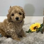 Teacup Labradoodle puppies, Precious Doodle Dogs, Labradoodle, doodle dog, labradoodle puppies for sale, labra, labradoodle for sale, Mini Doodle Dogs, miniature labradoodle, mini labradoodle, labradoodle puppy, how much is a labradoodle, labradoodle hypoallergenic, miniature labrador, mini labradoodle puppies for sale, labradoodle price, labradoodle shedding, labradoodle near me, miniature puppies for sale, white labradoodle, adult labradoodle, miniature labradoodle for sale, pictures of labradoodles, mini labradoodle puppies, miniature labradoodle puppies, red labradoodle, labradoodle breeders, labradoodle breeders near me, toy labradoodle, f1 labradoodle, small labradoodle, labradoodle for sale near me, golden labradoodle, miniature australian labradoodle, mini australian labradoodle, black labradoodle, labradoodle adoption, labradoodle dog, chocolate labradoodle puppies for sale, f1b labradoodle, labradoodle size, doodle puppies, mini doodle, how big do labradoodles get, brown labradoodle, chocolate labradoodle, mini labradoodle for sale, labradoodle puppies for sale near me, labradoodle cost, labradoodle temperament, labradoodle grooming, black and white labradoodle, mini australian labradoodle temperament, doodles for sale, mini doodle dog, australian labradoodle, full size labradoodle, shaved labradoodle, apricot labradoodle puppy, labradoodle austin, labradoodles austin texas, grown labradoodle, mini doodle breeds, labradoodle puppy cost, american labradoodle, labradoodle price range, f1b miniature labradoodle, labradoodles of long island, mini labradoodle near me, chocolate doodle puppies, labradoodle poodle, great doodle puppies, how big do mini labradoodles get, labradoodle names, are labradoodles smart, eden valley labradoodles, english manor labradoodles, red mini labradoodle, multigen labradoodle, labradoodle weight, labradoodle images, labradoodle cuts, miniture lab, labradoodle pics, labradoodle photos, mini golden labradoodle, miniature chocoalte lab, labradoodle personality, labradoodle facts, baby labradoodle, how much do labradoodles cost, caramel labradoodle, english labradoodle, labradoodles for sale, phantom labradoodle, labradoodle doodle, blue labradoodle, labradoodle colors, labradoodle hunting, labradoodle dog breeds, labradoodle allergies, pictures of labradoodle puppies, miniature lab for sale, lab and poodle mix, mini australian labradoodle cost, multigenerational labradoodle, lab poodle, mini doodles for sale, cute labradoodle, brown and white labradoodle, tiny goldendoodle, mini labradoodle price, f1 labradoodle puppy, brown labradoodle puppy, doodle dogs for sale, f1b mini labradoodle, medium labradoodle size, petite labradoodle, golden labradoodle puppy, black labradoodle puppies, best labradoodle breeders, mini labradoodle adoption, chocolate doodle, mini australian labradoodle, micro mini labradoodle, teacup labradoodle puppies for sale, mini labradoodle full grown, mini labradoodle size, mini australian labradoodle puppies for sale, parti labradoodle, mini chocolate labradoodle, f1 labradoodle puppies for sale, poodle labrador, mini australian doodle, labradoodle puppies for adoption, miniature labradoodle full grown, black miniature labradoodle , red labradoodle puppies, miniature chocolate labradoodle, mini labradoodles for sale near me, black labradoodle puppies for sale, micro labradoodle, chocolate australian labradoodle, apricot labradoodle, labradoodle mix, labradoodle info, australian labradoodle hypoallergenic, lab poodle mix puppy, adult mini labradoodle, family labradoodles, miniature labradoodle size, labradoodle puppies near me, cream labradoodle, chocolate labradoodle puppies, doodle puppies for sale, miniaure labradoodle for sale near me, teacup labradoodle, chocolate labradoodle for sale, chocolate mini labradoodle puppies for sale, miniature labradoodle breeders, silver labradoodle, black australian labradoodle, groodle puppies, mini labradoodle breeders, white labradoodle puppy, where to buy a labradoodle, black mini labradoodle, chocolate labradoodle puppies for sale near me, miniature labradoodle puppies for sale, labradoodle puppies price, labre doodle's, miniature labradoodle puppies, buy labradoodle, mini doodle puppies, mini labradoodle puppies for sale near me, mini labradoodle temperament, micro labradoodle puppies for sale, labradoodle information, golden labradoodle for sale, f1b labradoodle puppies for sale, toy labradoodle puppies for sale, how long do mini labradoodles live, chocolate and white labradoodle, labradoodle stud, labradoodle mini pup, what is a mini labradoodle, mini labradoodle images, mini poodle lab mix, what is a miniature labradoodle, labradoodle more lab than poodle, cute labradoodle puppies, miniature labradoodle puppies for sale, mini labrador breed, miniature labradoodle characteristics, images of miniature labradoodles, Teacup Labradoodle Alabama, Teacup Labradoodle Alaska, Teacup Labradoodle Arizona, Teacup Labradoodle Arkansas, Teacup Labradoodle California, Teacup Labradoodle Colorado, Teacup Labradoodle Connecticut, Teacup Labradoodle Delaware, Teacup Labradoodle Florida, Teacup Labradoodle Georgia, Teacup Labradoodle Hawaii, Teacup Labradoodle Idaho, Teacup Labradoodle Illinois, Teacup Labradoodle Indiana, Teacup Labradoodle Iowa, Teacup Labradoodle Kansas, Teacup Labradoodle Kentucky, Teacup Labradoodle Louisiana, Teacup Labradoodle Maine, Teacup Labradoodle Maryland, Teacup Labradoodle Massachusetts, Teacup Labradoodle Michigan, Teacup Labradoodle Minnesota, Teacup Labradoodle Mississippi, Teacup Labradoodle Missouri, Teacup Labradoodle Montana, Teacup Labradoodle Nebraska, Teacup Labradoodle Nevada, Teacup Labradoodle New Hampshire, Teacup Labradoodle New Jersey, Teacup Labradoodle New Mexico, Teacup Labradoodle New York, Teacup Labradoodle North Carolina, Teacup Labradoodle North Dakota, Teacup Labradoodle Ohio, Teacup Labradoodle Oklahoma, Teacup Labradoodle Oregon, Teacup Labradoodle Pennsylvania, Teacup Labradoodle Rhode Island, Teacup Labradoodle South Carolina, Teacup Labradoodle South Dakota, Teacup Labradoodle Tennessee, Teacup Labradoodle Texas, Teacup Labradoodle Utah, Teacup Labradoodle Vermont, Teacup Labradoodle Virginia, Teacup Labradoodle Washington, Teacup Labradoodle West Virginia, Teacup Labradoodle Wisconsin, Teacup Labradoodle Wyoming, Teacup Labradoodles AL, Teacup Labradoodles AK, Teacup Labradoodles AZ, Teacup Labradoodles AR, Teacup Labradoodles CA, Teacup Labradoodles CO, Teacup Labradoodles CT, Teacup Labradoodles DE, Teacup Labradoodles FL, Teacup Labradoodles GA, Teacup Labradoodles HI, Teacup Labradoodles ID, Teacup Labradoodles IL, Teacup Labradoodles IN, Teacup Labradoodles IA, Teacup Labradoodles KS, Teacup Labradoodles KY, Teacup Labradoodles LA, Teacup Labradoodles ME, Teacup Labradoodles MD, Teacup Labradoodles MA, Teacup Labradoodles MI, Teacup Labradoodles MN, Teacup Labradoodles MS, Teacup Labradoodles MO, Teacup Labradoodles MT, Teacup Labradoodles NE, Teacup Labradoodles NV, Teacup Labradoodles NH, Teacup Labradoodles NJ, Teacup Labradoodles NM, Teacup Labradoodles NY, Teacup Labradoodles NC, Teacup Labradoodles ND, Teacup Labradoodles OH, Teacup Labradoodles OK, Teacup Labradoodles OR, Teacup Labradoodles PA, Teacup Labradoodles RI, Teacup Labradoodles SC, Teacup Labradoodles SD, Teacup Labradoodles TN, Teacup Labradoodles TX, Teacup Labradoodles UT, Teacup Labradoodles VT, Teacup Labradoodles VA, Teacup Labradoodles WA, Teacup Labradoodles WV, Teacup Labradoodles WI, Teacup Labradoodles WY, Teacup Labradoodle puppies Alabama, Teacup Labradoodle puppies Alaska, Teacup Labradoodle puppies Arizona, Teacup Labradoodle puppies Arkansas, Teacup Labradoodle puppies California, Teacup Labradoodle puppies Colorado, Teacup Labradoodle puppies Connecticut, Teacup Labradoodle puppies Delaware, Teacup Labradoodle puppies Florida, Teacup Labradoodle puppies Georgia, Teacup Labradoodle puppies Hawaii, Teacup Labradoodle puppies Idaho, Teacup Labradoodle puppies Illinois, Teacup Labradoodle puppies Indiana, Teacup Labradoodle puppies Iowa, Teacup Labradoodle puppies Kansas, Teacup Labradoodle puppies Kentucky, Teacup Labradoodle puppies Louisiana, Teacup Labradoodle puppies Maine, Teacup Labradoodle puppies Maryland, Teacup Labradoodle puppies Massachusetts, Teacup Labradoodle puppies Michigan, Teacup Labradoodle puppies Minnesota, Teacup Labradoodle puppies Mississippi, Teacup Labradoodle puppies Missouri, Teacup Labradoodle puppies Montana, Teacup Labradoodle puppies Nebraska, Teacup Labradoodle puppies Nevada, Teacup Labradoodle puppies New Hampshire, Teacup Labradoodle puppies New Jersey, Teacup Labradoodle puppies New Mexico, Teacup Labradoodle puppies New York, Teacup Labradoodle puppies North Carolina, Teacup Labradoodle puppies North Dakota, Teacup Labradoodle puppies Ohio, Teacup Labradoodle puppies Oklahoma, Teacup Labradoodle puppies Oregon, Teacup Labradoodle puppies Pennsylvania, Teacup Labradoodle puppies Rhode Island, Teacup Labradoodle puppies South Carolina, Teacup Labradoodle puppies South Dakota, Teacup Labradoodle puppies Tennessee, Teacup Labradoodle puppies Texas, Teacup Labradoodle puppies Utah, Teacup Labradoodle puppies Vermont, Teacup Labradoodle puppies Virginia, Teacup Labradoodle puppies Washington, Teacup Labradoodle puppies West Virginia, Teacup Labradoodle puppies Wisconsin, Teacup Labradoodle puppies Wyoming, Teacup Labradoodle puppies for sale Alabama, Teacup Labradoodle puppies for sale Alaska, Teacup Labradoodle puppies for sale Arizona, Teacup Labradoodle puppies for sale Arkansas, Teacup Labradoodle puppies for sale California, Teacup Labradoodle puppies for sale Colorado, Teacup Labradoodle puppies for sale Connecticut, Teacup Labradoodle puppies for sale Delaware, Teacup Labradoodle puppies for sale Florida, Teacup Labradoodle puppies for sale Georgia, Teacup Labradoodle puppies for sale Hawaii, Teacup Labradoodle puppies for sale Idaho, Teacup Labradoodle puppies for sale Illinois, Teacup Labradoodle puppies for sale Indiana, Teacup Labradoodle puppies for sale Iowa, Teacup Labradoodle puppies for sale Kansas, Teacup Labradoodle puppies for sale Kentucky, Teacup Labradoodle puppies for sale Louisiana, Teacup Labradoodle puppies for sale Maine, Teacup Labradoodle puppies for sale Maryland, Teacup Labradoodle puppies for sale Massachusetts, Teacup Labradoodle puppies for sale Michigan, Teacup Labradoodle puppies for sale Minnesota, Teacup Labradoodle puppies for sale Mississippi, Teacup Labradoodle puppies for sale Missouri, Teacup Labradoodle puppies for sale Montana, Teacup Labradoodle puppies for sale Nebraska, Teacup Labradoodle puppies for sale Nevada, Teacup Labradoodle puppies for sale New Hampshire, Teacup Labradoodle puppies for sale New Jersey, Teacup Labradoodle puppies for sale New Mexico, Teacup Labradoodle puppies for sale New York, Teacup Labradoodle puppies for sale North Carolina, Teacup Labradoodle puppies for sale North Dakota, Teacup Labradoodle puppies for sale Ohio, Teacup Labradoodle puppies for sale Oklahoma, Teacup Labradoodle puppies for sale Oregon, Teacup Labradoodle puppies for sale Pennsylvania, Teacup Labradoodle puppies for sale Rhode Island, Teacup Labradoodle puppies for sale South Carolina, Teacup Labradoodle puppies for sale South Dakota, Teacup Labradoodle puppies for sale Tennessee, Teacup Labradoodle puppies for sale Texas, Teacup Labradoodle puppies for sale Utah, Teacup Labradoodle puppies for sale Vermont, Teacup Labradoodle puppies for sale Virginia, Teacup Labradoodle puppies for sale Washington, Teacup Labradoodle puppies for sale West Virginia, Teacup Labradoodle puppies for sale Wisconsin, Teacup Labradoodle puppies for sale Wyoming, Mini Labradoodle puppies for sale Alabama, Mini Labradoodle puppies for sale Alaska, Mini Labradoodle puppies for sale Arizona, Mini Labradoodle puppies for sale Arkansas, Mini Labradoodle puppies for sale California, Mini Labradoodle puppies for sale Colorado, Mini Labradoodle puppies for sale Connecticut, Mini Labradoodle puppies for sale Delaware, Mini Labradoodle puppies for sale Florida, Mini Labradoodle puppies for sale Georgia, Mini Labradoodle puppies for sale Hawaii, Mini Labradoodle puppies for sale Idaho, Mini Labradoodle puppies for sale Illinois, Mini Labradoodle puppies for sale Indiana, Mini Labradoodle puppies for sale Iowa, Mini Labradoodle puppies for sale Kansas, Mini Labradoodle puppies for sale Kentucky, Mini Labradoodle puppies for sale Louisiana, Mini Labradoodle puppies for sale Maine, Mini Labradoodle puppies for sale Maryland, Mini Labradoodle puppies for sale Massachusetts, Mini Labradoodle puppies for sale Michigan, Mini Labradoodle puppies for sale Minnesota, Mini Labradoodle puppies for sale Mississippi, Mini Labradoodle puppies for sale Missouri, Mini Labradoodle puppies for sale Montana, Mini Labradoodle puppies for sale Nebraska, Mini Labradoodle puppies for sale Nevada, Mini Labradoodle puppies for sale New Hampshire, Mini Labradoodle puppies for sale New Jersey, Mini Labradoodle puppies for sale New Mexico, Mini Labradoodle puppies for sale New York, Mini Labradoodle puppies for sale North Carolina, Mini Labradoodle puppies for sale North Dakota, Mini Labradoodle puppies for sale Ohio, Mini Labradoodle puppies for sale Oklahoma, Mini Labradoodle puppies for sale Oregon, Mini Labradoodle puppies for sale Pennsylvania, Mini Labradoodle puppies for sale Rhode Island, Mini Labradoodle puppies for sale South Carolina, Mini Labradoodle puppies for sale South Dakota, Mini Labradoodle puppies for sale Tennessee, Mini Labradoodle puppies for sale Texas, Mini Labradoodle puppies for sale Utah, Mini Labradoodle puppies for sale Vermont, Mini Labradoodle puppies for sale Virginia, Mini Labradoodle puppies for sale Washington, Mini Labradoodle puppies for sale West Virginia, Mini Labradoodle puppies for sale Wisconsin, Mini Labradoodle puppies for sale Wyoming, Labradoodle puppies for sale Alabama, Labradoodle puppies for sale Alaska, Labradoodle puppies for sale Arizona, Labradoodle puppies for sale Arkansas, Labradoodle puppies for sale California, Labradoodle puppies for sale Colorado, Labradoodle puppies for sale Connecticut, Labradoodle puppies for sale Delaware, Labradoodle puppies for sale Florida, Labradoodle puppies for sale Georgia, Labradoodle puppies for sale Hawaii, Labradoodle puppies for sale Idaho, Labradoodle puppies for sale Illinois, Labradoodle puppies for sale Indiana, Labradoodle puppies for sale Iowa, Labradoodle puppies for sale Kansas, Labradoodle puppies for sale Kentucky, Labradoodle puppies for sale Louisiana, Labradoodle puppies for sale Maine, Labradoodle puppies for sale Maryland, Labradoodle puppies for sale Massachusetts, Labradoodle puppies for sale Michigan, Labradoodle puppies for sale Minnesota, Labradoodle puppies for sale Mississippi, Labradoodle puppies for sale Missouri, Labradoodle puppies for sale Montana, Labradoodle puppies for sale Nebraska, Labradoodle puppies for sale Nevada, Labradoodle puppies for sale New Hampshire, Labradoodle puppies for sale New Jersey, Labradoodle puppies for sale New Mexico, Labradoodle puppies for sale New York, Labradoodle puppies for sale North Carolina, Labradoodle puppies for sale North Dakota, Labradoodle puppies for sale Ohio, Labradoodle puppies for sale Oklahoma, Labradoodle puppies for sale Oregon, Labradoodle puppies for sale Pennsylvania, Labradoodle puppies for sale Rhode Island, Labradoodle puppies for sale South Carolina, Labradoodle puppies for sale South Dakota, Labradoodle puppies for sale Tennessee, Labradoodle puppies for sale Texas, Labradoodle puppies for sale Utah, Labradoodle puppies for sale Vermont, Labradoodle puppies for sale Virginia, Labradoodle puppies for sale Washington, Labradoodle puppies for sale West Virginia, Labradoodle puppies for sale Wisconsin, Labradoodle puppies for sale Wyoming, Teacup Labradoodles for sale in Alabama, Teacup Labradoodles for sale in Alaska, Teacup Labradoodles for sale in Arizona, Teacup Labradoodles for sale in Arkansas, Teacup Labradoodles for sale in California, Teacup Labradoodles for sale in Colorado, Teacup Labradoodles for sale in Connecticut, Teacup Labradoodles for sale in Delaware, Teacup Labradoodles for sale in Florida, Teacup Labradoodles for sale in Georgia, Teacup Labradoodles for sale in Hawaii, Teacup Labradoodles for sale in Idaho, Teacup Labradoodles for sale in Illinois, Teacup Labradoodles for sale in Indiana, Teacup Labradoodles for sale in Iowa, Teacup Labradoodles for sale in Kansas, Teacup Labradoodles for sale in Kentucky, Teacup Labradoodles for sale in Louisiana, Teacup Labradoodles for sale in Maine, Teacup Labradoodles for sale in Maryland, Teacup Labradoodles for sale in Massachusetts, Teacup Labradoodles for sale in Michigan, Teacup Labradoodles for sale in Minnesota, Teacup Labradoodles for sale in Mississippi, Teacup Labradoodles for sale in Missouri, Teacup Labradoodles for sale in Montana, Teacup Labradoodles for sale in Nebraska, Teacup Labradoodles for sale in Nevada, Teacup Labradoodles for sale in New Hampshire, Teacup Labradoodles for sale in New Jersey, Teacup Labradoodles for sale in New Mexico, Teacup Labradoodles for sale in New York, Teacup Labradoodles for sale in North Carolina, Teacup Labradoodles for sale in North Dakota, Teacup Labradoodles for sale in Ohio, Teacup Labradoodles for sale in Oklahoma, Teacup Labradoodles for sale in Oregon, Teacup Labradoodles for sale in Pennsylvania, Teacup Labradoodles for sale in Rhode Island, Teacup Labradoodles for sale in South Carolina, Teacup Labradoodles for sale in South Dakota, Teacup Labradoodles for sale in Tennessee, Teacup Labradoodles for sale in Texas, Teacup Labradoodles for sale in Utah, Teacup Labradoodles for sale in Vermont, Teacup Labradoodles for sale in Virginia, Teacup Labradoodles for sale in Washington, Teacup Labradoodles for sale in West Virginia, Teacup Labradoodles for sale in Wisconsin, Teacup Labradoodles for sale in Wyoming, Labradoodles Alabama, Labradoodles Alaska, Labradoodles Arizona, Labradoodles Arkansas, Labradoodles California, Labradoodles Colorado, Labradoodles Connecticut, Labradoodles Delaware, Labradoodles Florida, Labradoodles Georgia, Labradoodles Hawaii, Labradoodles Idaho, Labradoodles Illinois, Labradoodles Indiana, Labradoodles Iowa, Labradoodles Kansas, Labradoodles Kentucky, Labradoodles Louisiana, Labradoodles Maine, Labradoodles Maryland, Labradoodles Massachusetts, Labradoodles Michigan, Labradoodles Minnesota, Labradoodles Mississippi, Labradoodles Missouri, Labradoodles Montana, Labradoodles Nebraska, Labradoodles Nevada, Labradoodles New Hampshire, Labradoodles New Jersey, Labradoodles New Mexico, Labradoodles New York, Labradoodles North Carolina, Labradoodles North Dakota, Labradoodles Ohio, Labradoodles Oklahoma, Labradoodles Oregon, Labradoodles Pennsylvania, Labradoodles Rhode Island, Labradoodles South Carolina, Labradoodles South Dakota, Labradoodles Tennessee, Labradoodles Texas, Labradoodles Utah, Labradoodles Vermont, Labradoodles Virginia, Labradoodles Washington, Labradoodles West Virginia, Labradoodles Wisconsin, Labradoodles Wyoming, Labradoodle puppies Alabama, Labradoodle puppies Alaska, Labradoodle puppies Arizona, Labradoodle puppies Arkansas, Labradoodle puppies California, Labradoodle puppies Colorado, Labradoodle puppies Connecticut, Labradoodle puppies Delaware, Labradoodle puppies Florida, Labradoodle puppies Georgia, Labradoodle puppies Hawaii, Labradoodle puppies Idaho, Labradoodle puppies Illinois, Labradoodle puppies Indiana, Labradoodle puppies Iowa, Labradoodle puppies Kansas, Labradoodle puppies Kentucky, Labradoodle puppies Louisiana, Labradoodle puppies Maine, Labradoodle puppies Maryland, Labradoodle puppies Massachusetts, Labradoodle puppies Michigan, Labradoodle puppies Minnesota, Labradoodle puppies Mississippi, Labradoodle puppies Missouri, Labradoodle puppies Montana, Labradoodle puppies Nebraska, Labradoodle puppies Nevada, Labradoodle puppies New Hampshire, Labradoodle puppies New Jersey, Labradoodle puppies New Mexico, Labradoodle puppies New York, Labradoodle puppies North Carolina, Labradoodle puppies North Dakota, Labradoodle puppies Ohio, Labradoodle puppies Oklahoma, Labradoodle puppies Oregon, Labradoodle puppies Pennsylvania, Labradoodle puppies Rhode Island, Labradoodle puppies South Carolina, Labradoodle puppies South Dakota, Labradoodle puppies Tennessee, Labradoodle puppies Texas, Labradoodle puppies Utah, Labradoodle puppies Vermont, Labradoodle puppies Virginia, Labradoodle puppies Washington, Labradoodle puppies West Virginia, Labradoodle puppies Wisconsin, Labradoodle puppies Wyoming, Toy Labradoodle Alabama, Toy Labradoodle Alaska, Toy Labradoodle Arizona, Toy Labradoodle Arkansas, Toy Labradoodle California, Toy Labradoodle Colorado, Toy Labradoodle Connecticut, Toy Labradoodle Delaware, Toy Labradoodle Florida, Toy Labradoodle Georgia, Toy Labradoodle Hawaii, Toy Labradoodle Idaho, Toy Labradoodle Illinois, Toy Labradoodle Indiana, Toy Labradoodle Iowa, Toy Labradoodle Kansas, Toy Labradoodle Kentucky, Toy Labradoodle Louisiana, Toy Labradoodle Maine, Toy Labradoodle Maryland, Toy Labradoodle Massachusetts, Toy Labradoodle Michigan, Toy Labradoodle Minnesota, Toy Labradoodle Mississippi, Toy Labradoodle Missouri, Toy Labradoodle Montana, Toy Labradoodle Nebraska, Toy Labradoodle Nevada, Toy Labradoodle New Hampshire, Toy Labradoodle New Jersey, Toy Labradoodle New Mexico, Toy Labradoodle New York, Toy Labradoodle North Carolina, Toy Labradoodle North Dakota, Toy Labradoodle Ohio, Toy Labradoodle Oklahoma, Toy Labradoodle Oregon, Toy Labradoodle Pennsylvania, Toy Labradoodle Rhode Island, Toy Labradoodle South Carolina, Toy Labradoodle South Dakota, Toy Labradoodle Tennessee, Toy Labradoodle Texas, Toy Labradoodle Utah, Toy Labradoodle Vermont, Toy Labradoodle Virginia, Toy Labradoodle Washington, Toy Labradoodle West Virginia, Toy Labradoodle Wisconsin, Toy Labradoodle Wyoming, Mini Labradoodles Alabama, Mini Labradoodles Alaska, Mini Labradoodles Arizona, Mini Labradoodles Arkansas, Mini Labradoodles California, Mini Labradoodles Colorado, Mini Labradoodles Connecticut, Mini Labradoodles Delaware, Mini Labradoodles Florida, Mini Labradoodles Georgia, Mini Labradoodles Hawaii, Mini Labradoodles Idaho, Mini Labradoodles Illinois, Mini Labradoodles Indiana, Mini Labradoodles Iowa, Mini Labradoodles Kansas, Mini Labradoodles Kentucky, Mini Labradoodles Louisiana, Mini Labradoodles Maine, Mini Labradoodles Maryland, Mini Labradoodles Massachusetts, Mini Labradoodles Michigan, Mini Labradoodles Minnesota, Mini Labradoodles Mississippi, Mini Labradoodles Missouri, Mini Labradoodles Montana, Mini Labradoodles Nebraska, Mini Labradoodles Nevada, Mini Labradoodles New Hampshire, Mini Labradoodles New Jersey, Mini Labradoodles New Mexico, Mini Labradoodles New York, Mini Labradoodles North Carolina, Mini Labradoodles North Dakota, Mini Labradoodles Ohio, Mini Labradoodles Oklahoma, Mini Labradoodles Oregon, Mini Labradoodles Pennsylvania, Mini Labradoodles Rhode Island, Mini Labradoodles South Carolina, Mini Labradoodles South Dakota, Mini Labradoodles Tennessee, Mini Labradoodles Texas, Mini Labradoodles Utah, Mini Labradoodles Vermont, Mini Labradoodles Virginia, Mini Labradoodles Washington, Mini Labradoodles West Virginia, Mini Labradoodles Wisconsin, Mini Labradoodles Wyoming,